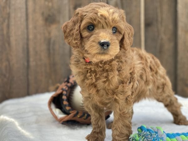 Mario - Micro Goldendoodle Boy - Image 14