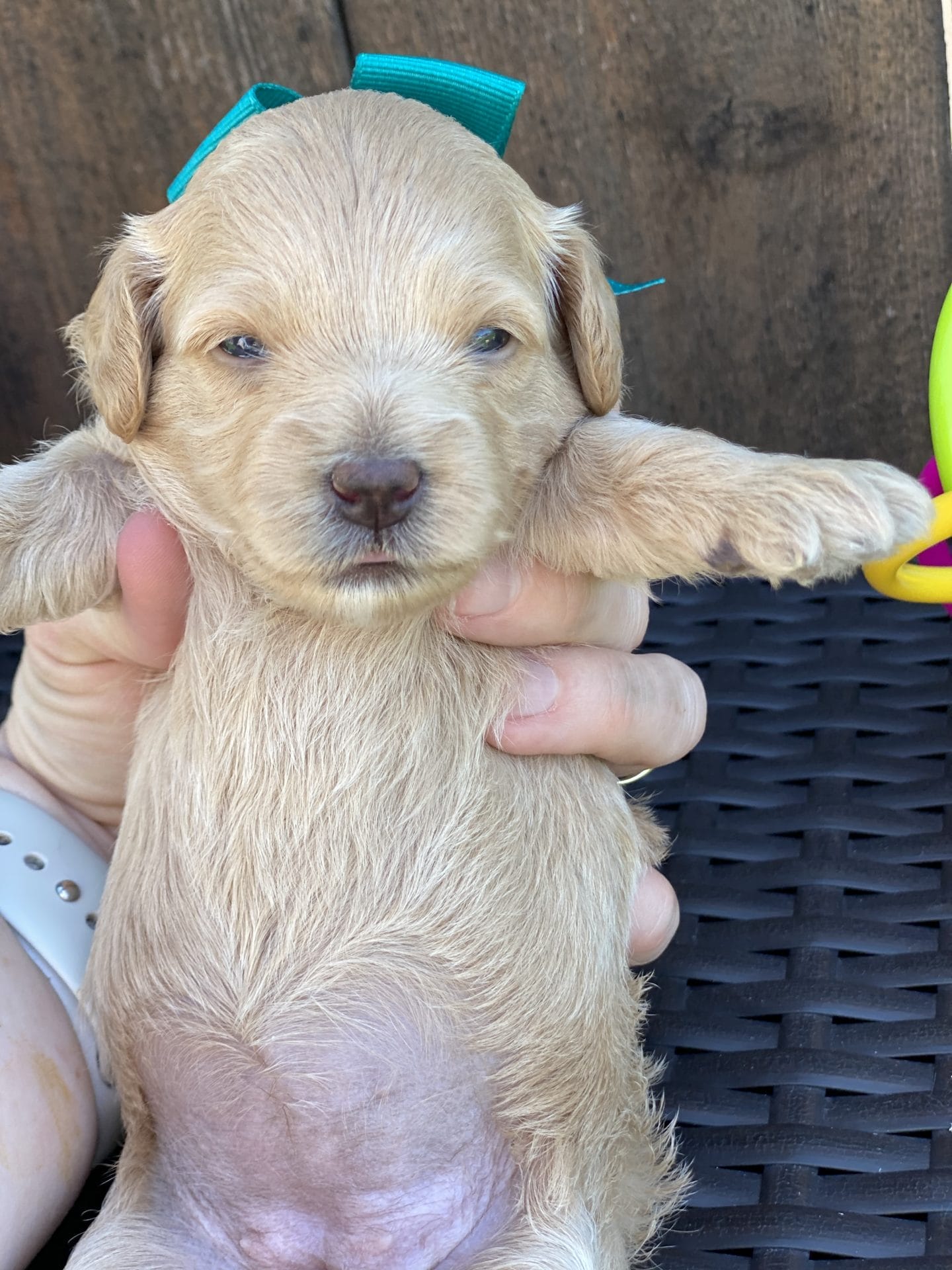 Moana - Teacup Goldendoodle Girl - Image 13