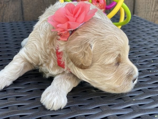 Snow White - Teacup Goldendoodle Girl - Image 15