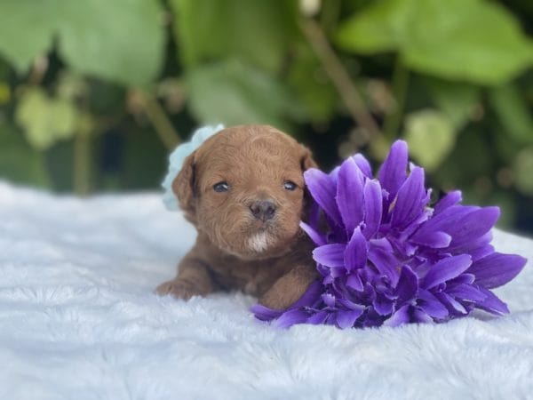 Micro GOLDENDOODLE PUPPIES, Micro Goldendoodle, Precious Doodle Dogs, Teacup Doodle Dogs, Goldendoodle, Doodle Dog, Golden Doodles, Goldendoodle for sale, Goldendoodle puppies for sale, Miniature goldendoodle, goldendoodle puppies, mini goldendoodle, mini puppies, mini goldendoodle size, Mini Doodle Dogs, f1 goldendoodle, golden retriever poodle, chocolate goldendoodle, small doodles, goldendoodle temperament, goldendoodle colors, goldendoodle price, white goldendoodle, f2 goldendoodle, mini goldendoodle price, mini goldendoodle full grown, f1 mini goldendoodle, f1b goldendoodle, parti goldendoodle, goldendoodles near me, english goldendoodle, australian goldendoodle, red goldendoodle, doodle breeds, brown goldendoodle, goldendoodle cost, adult mini goldendoodle, golden noodle dog, doodle dog breeds, miniature golden doodle, miniature puppies, golden retriever poodle mix, A Star is Born, A star is born goldendoodle, a star is born dog, Bradley Cooper's Dog, Bradley Cooper Dog, Bradley Cooper's Goldendoodle, arizona goldendoodles, goldendoodle training, goldendoodle size, how big do mini goldendoodles get, goldendoodle full grown, baby goldendoodle, goldendoodle houston, golden doodles for sale, adult goldendoodle, apricot goldendoodle, goldendoodle grooming, mini golden doodles, goldendoodle shedding, f2b goldendoodle, goldendoodle hypoallergenic, goldendoodle names, english cream goldendoodle, golden retriever and poodle mix, mini goldendoodle puppies, micro goldendoodle, mini goldendoodle puppies for sale, miniature goldendoodle for sale, goldendoodle puppies for adoption, teddy bear goldendoodle, mini goldendoodle rescue, medium goldendoodle, black goldendoodle, mini goldendoodle for sale near me, goldendoodle puppies for sale near me, mini doodle, doodle puppies, mini goldendoodle for sale, goldendoodle breeders near me, miniature goldendoodle for sale near me, toy goldendoodle, petite goldendoodle, golden doodle dog, miniature goldendoodle puppies, mini goldendoodle puppies for sale near me, goldendoodles for sale near me, mini goldedoodle breeders, goldendoodle adoption, f1b mini goldendoodle, small goldendoodle, teacup goldendoodle, goldendoodle puppies near me, goldendoodle breeders, how to groom a goldendoodle, great doodle puppies, golden doodle mix, goldendoodle tampa, goldendoodle facts, white doodle dog, white goldendoodle puppy, mini goldendoodle maryland, country mini doodles, goldendoodle los angeles, toy labradoodle puppies for sale, types of goldendoodles, mini golden retriever puppies, golden goldendoodle, mini golden retriever puppies for sale, miniature australian goldendoodle, goldendoodle sacramento, goldendoodle omaha, labradoodle goldendoodle, f1 medium goldendoodle, BEST goldendoodles, pictures of mini goldendoodles, teacup goldendoodle full grown, micro mini goldendoodle full grown, toy goldendoodle price, goldendoodle chicago, retriever doodle, teacup goldendoodle puppies for sale, cute goldendoodle, mini teddy bear puppies, miniature goldendoodle full grown, f2 mini goldendoodle, goldendoodle spokane, mini goldendoodle chicago, micro mini goldendoodle, how nbig do miniature goldendoodles get, brown mini goldendoodle, mini doodle breeds, poodle doodle dog, what is a mini goldendoodle, black mini goldendoodle, mini irish doodle puppies for sale, f1b goldendoodle size, toy golden doodles, chocolate brown goldendoodle puppies for sale, petite goldendoodle full grown, goldendoodle behavior, american goldendoodle, f1b medium goldendoodle, goldendoodle puppy cost, cute goldendoodle puppies, goldendoodle indianapolis, teddy goldendoodle, mini goldendoodle weight, teddy bear golden doodles, f1b goldendoodle puppies for sale, miniature goldendoodle size, chocolate goldendoodle puppy, english cream mini goldendoodle, doodle puppies near me, red miniature goldendoodle, cream goldendoodle, goldendoodle puppy cut, mini goldendoodle hypoallergenic, dog breed goldendoodle, goldendoodle poodle mixes, goldendoodle allergies, goldendoodle info, sandy ridge goldendoodles, lakeshore goldendoodles, toy goldendoodle puppies for sale, labradoodle and goldendoodle, goldendoodle las vegas, goldendoodle phoenix, doodle breeders near me, miniature goldendoodle weight, black and white goldendoodle, sarasota goldendoodles, mini goldendoodle dallas, a goldendoodle, what is a goldendoodle, goldendoodle dallas, mini golden doodles for sale, ginger doodle puppy, how much does a mini goldendoodle cost, goldendoodle san antonio, goldendoodle photos, goldendoodle cuts, chocolate mini goldendoodle, all about goldendoodles, goldendoodle cincinnati, black doodle dog, goldendoodle weight, miniature goldendoodle breeders, goldendoodle information, miniature goldendoodle puppies for sale, doodle puppies for sale near me, black labradoodle puppies for sale, goldendoodle seattle, golden doodles near me, teacup goldendoodle for sale, golden retriever poodle puppy, goldendoodle rochester ny, goldendoodle and poodle mix, akc goldendoodle, goldendoodle kansas city, mini goldendoodle facts, goldendoodle austin, goldendoodle doodle, goldendoodle tulsa, curly goldendoodle, brown goldendoodle puppies, f1b labradoodle puppies for sale, red mini goldendoodle, goldendoodle poodle, chocolate goldendoodle for sale, tiny goldendoodle, goldendoodle puppies breeders, english goldendoodle puppies for sale, mini golden labradoodle, f1b mini teddy bear goldendoodles, red goldendoodle puppies for sale, miniature golden retriever breeders, f1 goldendoodles for sale, teacup goldendoodle puppies, toy mini goldendoodle, xs petite goldendoodle, f2 goldendoodle puppies for sale, mini goldendoodle cost, black goldendoodle for sale, english teddy bear goldendoodle, small doodle dogs, goldendoodle nashville, english goldendoodle puppies, golden retriever poodle mix for sale, red goldendoodle puppy, parti goldendoodles for sale, english cream goldendoodles for sale, doodle puppies for sale, golden retriever poodle mix puppies, goldendoodle tucson, f1b mini goldendoodle puppies for sale, mini goldendoodle breeders northeast, teddy bear goldendoodle, toy goldendoodle rescue, petite mini goldendoodle, goldendoodle stuff, mini goldendoodles near me, teddy bear goldendoodle puppies, f1 goldendoodle puppies, teddy bear goldendoodles for sale, silver goldendoodle, buy goldendoodle, mini golden doodle dog, teddy bear goldendoodles mini, micro mini goldendoodle puppies for sale, goldendoodle dogs for sale, best goldendoodle breeders, chocolate goldendoodle puppies for sale, doodle dogs for sale, toy goldendoodle puppies, mini doodle dog, toy goldendoodle breeders, doodles for sale, goldendoodle hypoallergenic dog, mini goldendoodle breeders near me, english goldendoodle breeders, f1b mini goldendoodle for sale, teacup goldendoodle price, petite goldendoodle for sale, mini english goldendoodle, mini goldendoodle info, miniature goldendoodle puppies for sale near me, black goldendoodle puppies for sale, f1 goldendoodle puppies for sale, Micro Goldendoodles AL, Micro Goldendoodles AK, Micro Goldendoodles AZ, Micro Goldendoodles AR, Micro Goldendoodles CA, Micro Goldendoodles CO, Micro Goldendoodles CT, Micro Goldendoodles DE, Micro Goldendoodles FL, Micro Goldendoodles GA, Micro Goldendoodles HI, Micro Goldendoodles ID, Micro Goldendoodles IL, Micro Goldendoodles IN, Micro Goldendoodles IA, Micro Goldendoodles KS, Micro Goldendoodles KY, Micro Goldendoodles LA, Micro Goldendoodles ME, Micro Goldendoodles MD, Micro Goldendoodles MA, Micro Goldendoodles MI, Micro Goldendoodles MN, Micro Goldendoodles MS, Micro Goldendoodles MO, Micro Goldendoodles MT, Micro Goldendoodles NE, Micro Goldendoodles NV, Micro Goldendoodles NH, Micro Goldendoodles NJ, Micro Goldendoodles NM, Micro Goldendoodles NY, Micro Goldendoodles NC, Micro Goldendoodles ND, Micro Goldendoodles OH, Micro Goldendoodles OK, Micro Goldendoodles OR, Micro Goldendoodles PA, Micro Goldendoodles RI, Micro Goldendoodles SC, Micro Goldendoodles SD, Micro Goldendoodles TN, Micro Goldendoodles TX, Micro Goldendoodles UT, Micro Goldendoodles VT, Micro Goldendoodles VA, Micro Goldendoodles WA, Micro Goldendoodles WV, Micro Goldendoodles WI, Micro Goldendoodles WY, Micro Golden Doodles AL, Micro Golden Doodles AK, Micro Golden Doodles AZ, Micro Golden Doodles AR, Micro Golden Doodles CA, Micro Golden Doodles CO, Micro Golden Doodles CT, Micro Golden Doodles DE, Micro Golden Doodles FL, Micro Golden Doodles GA, Micro Golden Doodles HI, Micro Golden Doodles ID, Micro Golden Doodles IL, Micro Golden Doodles IN, Micro Golden Doodles IA, Micro Golden Doodles KS, Micro Golden Doodles KY, Micro Golden Doodles LA, Micro Golden Doodles ME, Micro Golden Doodles MD, Micro Golden Doodles MA, Micro Golden Doodles MI, Micro Golden Doodles MN, Micro Golden Doodles MS, Micro Golden Doodles MO, Micro Golden Doodles MT, Micro Golden Doodles NE, Micro Golden Doodles NV, Micro Golden Doodles NH, Micro Golden Doodles NJ, Micro Golden Doodles NM, Micro Golden Doodles NY, Micro Golden Doodles NC, Micro Golden Doodles ND, Micro Golden Doodles OH, Micro Golden Doodles OK, Micro Golden Doodles OR, Micro Golden Doodles PA, Micro Golden Doodles RI, Micro Golden Doodles SC, Micro Golden Doodles SD, Micro Golden Doodles TN, Micro Golden Doodles TX, Micro Golden Doodles UT, Micro Golden Doodles VT, Micro Golden Doodles VA, Micro Golden Doodles WA, Micro Golden Doodles WV, Micro Golden Doodles WI, Micro Golden Doodles WY, Micro Goldendoodle Alabama, Micro Goldendoodle Alaska, Micro Goldendoodle Arizona, Micro Goldendoodle Arkansas, Micro Goldendoodle California, Micro Goldendoodle Colorado, Micro Goldendoodle Connecticut, Micro Goldendoodle Delaware, Micro Goldendoodle Florida, Micro Goldendoodle Georgia, Micro Goldendoodle Hawaii, Micro Goldendoodle Idaho, Micro Goldendoodle Illinois, Micro Goldendoodle Indiana, Micro Goldendoodle Iowa, Micro Goldendoodle Kansas, Micro Goldendoodle Kentucky, Micro Goldendoodle Louisiana, Micro Goldendoodle Maine, Micro Goldendoodle Maryland, Micro Goldendoodle Massachusetts, Micro Goldendoodle Michigan, Micro Goldendoodle Minnesota, Micro Goldendoodle Mississippi, Micro Goldendoodle Missouri, Micro Goldendoodle Montana, Micro Goldendoodle Nebraska, Micro Goldendoodle Nevada, Micro Goldendoodle New Hampshire, Micro Goldendoodle New Jersey, Micro Goldendoodle New Mexico, Micro Goldendoodle New York, Micro Goldendoodle North Carolina, Micro Goldendoodle North Dakota, Micro Goldendoodle Ohio, Micro Goldendoodle Oklahoma, Micro Goldendoodle Oregon, Micro Goldendoodle Pennsylvania, Micro Goldendoodle Rhode Island, Micro Goldendoodle South Carolina, Micro Goldendoodle South Dakota, Micro Goldendoodle Tennessee, Micro Goldendoodle Texas, Micro Goldendoodle Utah, Micro Goldendoodle Vermont, Micro Goldendoodle Virginia, Micro Goldendoodle Washington, Micro Goldendoodle West Virginia, Micro Goldendoodle Wisconsin, Micro Goldendoodle Wyoming, Micro Goldendoodle breeders AL, Micro Goldendoodle breeders AK, Micro Goldendoodle breeders AZ, Micro Goldendoodle breeders AR, Micro Goldendoodle breeders CA, Micro Goldendoodle breeders CO, Micro Goldendoodle breeders CT, Micro Goldendoodle breeders DE, Micro Goldendoodle breeders FL, Micro Goldendoodle breeders GA, Micro Goldendoodle breeders HI, Micro Goldendoodle breeders ID, Micro Goldendoodle breeders IL, Micro Goldendoodle breeders IN, Micro Goldendoodle breeders IA, Micro Goldendoodle breeders KS, Micro Goldendoodle breeders KY, Micro Goldendoodle breeders LA, Micro Goldendoodle breeders ME, Micro Goldendoodle breeders MD, Micro Goldendoodle breeders MA, Micro Goldendoodle breeders MI, Micro Goldendoodle breeders MN, Micro Goldendoodle breeders MS, Micro Goldendoodle breeders MO, Micro Goldendoodle breeders MT, Micro Goldendoodle breeders NE, Micro Goldendoodle breeders NV, Micro Goldendoodle breeders NH, Micro Goldendoodle breeders NJ, Micro Goldendoodle breeders NM, Micro Goldendoodle breeders NY, Micro Goldendoodle breeders NC, Micro Goldendoodle breeders ND, Micro Goldendoodle breeders OH, Micro Goldendoodle breeders OK, Micro Goldendoodle breeders OR, Micro Goldendoodle breeders PA, Micro Goldendoodle breeders RI, Micro Goldendoodle breeders SC, Micro Goldendoodle breeders SD, Micro Goldendoodle breeders TN, Micro Goldendoodle breeders TX, Micro Goldendoodle breeders UT, Micro Goldendoodle breeders VT, Micro Goldendoodle breeders VA, Micro Goldendoodle breeders WA, Micro Goldendoodle breeders WV, Micro Goldendoodle breeders WI, Micro Goldendoodle breeders WY, Micro Golden doodle puppies for sale in AL, Micro Golden doodle puppies for sale in AK, Micro Golden doodle puppies for sale in AZ, Micro Golden doodle puppies for sale in AR, Micro Golden doodle puppies for sale in CA, Micro Golden doodle puppies for sale in CO, Micro Golden doodle puppies for sale in CT, Micro Golden doodle puppies for sale in DE, Micro Golden doodle puppies for sale in FL, Micro Golden doodle puppies for sale in GA, Micro Golden doodle puppies for sale in HI, Micro Golden doodle puppies for sale in ID, Micro Golden doodle puppies for sale in IL, Micro Golden doodle puppies for sale in IN, Micro Golden doodle puppies for sale in IA, Micro Golden doodle puppies for sale in KS, Micro Golden doodle puppies for sale in KY, Micro Golden doodle puppies for sale in LA, Micro Golden doodle puppies for sale in ME, Micro Golden doodle puppies for sale in MD, Micro Golden doodle puppies for sale in MA, Micro Golden doodle puppies for sale in MI, Micro Golden doodle puppies for sale in MN, Micro Golden doodle puppies for sale in MS, Micro Golden doodle puppies for sale in MO, Micro Golden doodle puppies for sale in MT, Micro Golden doodle puppies for sale in NE, Micro Golden doodle puppies for sale in NV, Micro Golden doodle puppies for sale in NH, Micro Golden doodle puppies for sale in NJ, Micro Golden doodle puppies for sale in NM, Micro Golden doodle puppies for sale in NY, Micro Golden doodle puppies for sale in NC, Micro Golden doodle puppies for sale in ND, Micro Golden doodle puppies for sale in OH, Micro Golden doodle puppies for sale in OK, Micro Golden doodle puppies for sale in OR, Micro Golden doodle puppies for sale in PA, Micro Golden doodle puppies for sale in RI, Micro Golden doodle puppies for sale in SC, Micro Golden doodle puppies for sale in SD, Micro Golden doodle puppies for sale in TN, Micro Golden doodle puppies for sale in TX, Micro Golden doodle puppies for sale in UT, Micro Golden doodle puppies for sale in VT, Micro Golden doodle puppies for sale in VA, Micro Golden doodle puppies for sale in WA, Micro Golden doodle puppies for sale in WV, Micro Golden doodle puppies for sale in WI, Micro Golden doodle puppies for sale in WY, Micro Goldendoodles for sale in AL, Micro Goldendoodles for sale in AK, Micro Goldendoodles for sale in AZ, Micro Goldendoodles for sale in AR, Micro Goldendoodles for sale in CA, Micro Goldendoodles for sale in CO, Micro Goldendoodles for sale in CT, Micro Goldendoodles for sale in DE, Micro Goldendoodles for sale in FL, Micro Goldendoodles for sale in GA, Micro Goldendoodles for sale in HI, Micro Goldendoodles for sale in ID, Micro Goldendoodles for sale in IL, Micro Goldendoodles for sale in IN, Micro Goldendoodles for sale in IA, Micro Goldendoodles for sale in KS, Micro Goldendoodles for sale in KY, Micro Goldendoodles for sale in LA, Micro Goldendoodles for sale in ME, Micro Goldendoodles for sale in MD, Micro Goldendoodles for sale in MA, Micro Goldendoodles for sale in MI, Micro Goldendoodles for sale in MN, Micro Goldendoodles for sale in MS, Micro Goldendoodles for sale in MO, Micro Goldendoodles for sale in MT, Micro Goldendoodles for sale in NE, Micro Goldendoodles for sale in NV, Micro Goldendoodles for sale in NH, Micro Goldendoodles for sale in NJ, Micro Goldendoodles for sale in NM, Micro Goldendoodles for sale in NY, Micro Goldendoodles for sale in NC, Micro Goldendoodles for sale in ND, Micro Goldendoodles for sale in OH, Micro Goldendoodles for sale in OK, Micro Goldendoodles for sale in OR, Micro Goldendoodles for sale in PA, Micro Goldendoodles for sale in RI, Micro Goldendoodles for sale in SC, Micro Goldendoodles for sale in SD, Micro Goldendoodles for sale in TN, Micro Goldendoodles for sale in TX, Micro Goldendoodles for sale in UT, Micro Goldendoodles for sale in VT, Micro Goldendoodles for sale in VA, Micro Goldendoodles for sale in WA, Micro Goldendoodles for sale in WV, Micro Goldendoodles for sale in WI, Micro Goldendoodles for sale in WY, Micro Golden doodles Alabama, Micro Golden doodles Alaska, Micro Golden doodles Arizona, Micro Golden doodles Arkansas, Micro Golden doodles California, Micro Golden doodles Colorado, Micro Golden doodles Connecticut, Micro Golden doodles Delaware, Micro Golden doodles Florida, Micro Golden doodles Georgia, Micro Golden doodles Hawaii, Micro Golden doodles Idaho, Micro Golden doodles Illinois, Micro Golden doodles Indiana, Micro Golden doodles Iowa, Micro Golden doodles Kansas, Micro Golden doodles Kentucky, Micro Golden doodles Louisiana, Micro Golden doodles Maine, Micro Golden doodles Maryland, Micro Golden doodles Massachusetts, Micro Golden doodles Michigan, Micro Golden doodles Minnesota, Micro Golden doodles Mississippi, Micro Golden doodles Missouri, Micro Golden doodles Montana, Micro Golden doodles Nebraska, Micro Golden doodles Nevada, Micro Golden doodles New Hampshire, Micro Golden doodles New Jersey, Micro Golden doodles New Mexico, Micro Golden doodles New York, Micro Golden doodles North Carolina, Micro Golden doodles North Dakota, Micro Golden doodles Ohio, Micro Golden doodles Oklahoma, Micro Golden doodles Oregon, Micro Golden doodles Pennsylvania, Micro Golden doodles Rhode Island, Micro Golden doodles South Carolina, Micro Golden doodles South Dakota, Micro Golden doodles Tennessee, Micro Golden doodles Texas, Micro Golden doodles Utah, Micro Golden doodles Vermont, Micro Golden doodles Virginia, Micro Golden doodles Washington, Micro Golden doodles West Virginia, Micro Golden doodles Wisconsin, Micro Golden doodles Wyoming, Golden doodle Breeders AL, Golden doodle Breeders AK, Golden doodle Breeders AZ, Golden doodle Breeders AR, Golden doodle Breeders CA, Golden doodle Breeders CO, Golden doodle Breeders CT, Golden doodle Breeders DE, Golden doodle Breeders FL, Golden doodle Breeders GA, Golden doodle Breeders HI, Golden doodle Breeders ID, Golden doodle Breeders IL, Golden doodle Breeders IN, Golden doodle Breeders IA, Golden doodle Breeders KS, Golden doodle Breeders KY, Golden doodle Breeders LA, Golden doodle Breeders ME, Golden doodle Breeders MD, Golden doodle Breeders MA, Golden doodle Breeders MI, Golden doodle Breeders MN, Golden doodle Breeders MS, Golden doodle Breeders MO, Golden doodle Breeders MT, Golden doodle Breeders NE, Golden doodle Breeders NV, Golden doodle Breeders NH, Golden doodle Breeders NJ, Golden doodle Breeders NM, Golden doodle Breeders NY, Golden doodle Breeders NC, Golden doodle Breeders ND, Golden doodle Breeders OH, Golden doodle Breeders OK, Golden doodle Breeders OR, Golden doodle Breeders PA, Golden doodle Breeders RI, Golden doodle Breeders SC, Golden doodle Breeders SD, Golden doodle Breeders TN, Golden doodle Breeders TX, Golden doodle Breeders UT, Golden doodle Breeders VT, Golden doodle Breeders VA, Golden doodle Breeders WA, Golden doodle Breeders WV, Golden doodle Breeders WI, Golden doodle Breeders WY, Micro Golden doodles for sale in AL, Micro Golden doodles for sale in AK, Micro Golden doodles for sale in AZ, Micro Golden doodles for sale in AR, Micro Golden doodles for sale in CA, Micro Golden doodles for sale in CO, Micro Golden doodles for sale in CT, Micro Golden doodles for sale in DE, Micro Golden doodles for sale in FL, Micro Golden doodles for sale in GA, Micro Golden doodles for sale in HI, Micro Golden doodles for sale in ID, Micro Golden doodles for sale in IL, Micro Golden doodles for sale in IN, Micro Golden doodles for sale in IA, Micro Golden doodles for sale in KS, Micro Golden doodles for sale in KY, Micro Golden doodles for sale in LA, Micro Golden doodles for sale in ME, Micro Golden doodles for sale in MD, Micro Golden doodles for sale in MA, Micro Golden doodles for sale in MI, Micro Golden doodles for sale in MN, Micro Golden doodles for sale in MS, Micro Golden doodles for sale in MO, Micro Golden doodles for sale in MT, Micro Golden doodles for sale in NE, Micro Golden doodles for sale in NV, Micro Golden doodles for sale in NH, Micro Golden doodles for sale in NJ, Micro Golden doodles for sale in NM, Micro Golden doodles for sale in NY, Micro Golden doodles for sale in NC, Micro Golden doodles for sale in ND, Micro Golden doodles for sale in OH, Micro Golden doodles for sale in OK, Micro Golden doodles for sale in OR, Micro Golden doodles for sale in PA, Micro Golden doodles for sale in RI, Micro Golden doodles for sale in SC, Micro Golden doodles for sale in SD, Micro Golden doodles for sale in TN, Micro Golden doodles for sale in TX, Micro Golden doodles for sale in UT, Micro Golden doodles for sale in VT, Micro Golden doodles for sale in VA, Micro Golden doodles for sale in WA, Micro Golden doodles for sale in WV, Micro Golden doodles for sale in WI, Micro Golden doodles for sale in WY,