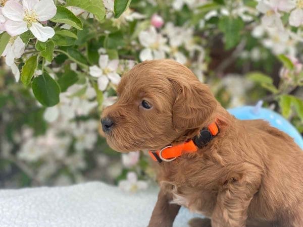 TEACUP GOLDENDOODLE PUPPIES, Precious Doodle Dogs, Teacup Doodle Dogs, Goldendoodle, Doodle Dog, Golden Doodles, Goldendoodle for sale, Goldendoodle puppies for sale, Miniature goldendoodle, goldendoodle puppies, mini goldendoodle, mini puppies, mini goldendoodle size, Mini Doodle Dogs, f1 goldendoodle, golden retriever poodle, chocolate goldendoodle, small doodles, goldendoodle temperament, goldendoodle colors, goldendoodle price, white goldendoodle, f2 goldendoodle, mini goldendoodle price, mini goldendoodle full grown, f1 mini goldendoodle, f1b goldendoodle, parti goldendoodle, goldendoodles near me, english goldendoodle, australian goldendoodle, red goldendoodle, doodle breeds, brown goldendoodle, goldendoodle cost, adult mini goldendoodle, golden noodle dog, doodle dog breeds, miniature golden doodle, miniature puppies, golden retriever poodle mix, A Star is Born, A star is born goldendoodle, a star is born dog, Bradley Cooper's Dog, Bradley Cooper Dog, Bradley Cooper's Goldendoodle, arizona goldendoodles, goldendoodle training, goldendoodle size, how big do mini goldendoodles get, goldendoodle full grown, baby goldendoodle, goldendoodle houston, golden doodles for sale, adult goldendoodle, apricot goldendoodle, goldendoodle grooming, mini golden doodles, goldendoodle shedding, f2b goldendoodle, goldendoodle hypoallergenic, goldendoodle names, english cream goldendoodle, golden retriever and poodle mix, mini goldendoodle puppies, micro goldendoodle, mini goldendoodle puppies for sale, miniature goldendoodle for sale, goldendoodle puppies for adoption, teddy bear goldendoodle, mini goldendoodle rescue, medium goldendoodle, black goldendoodle, mini goldendoodle for sale near me, goldendoodle puppies for sale near me, mini doodle, doodle puppies, mini goldendoodle for sale, goldendoodle breeders near me, miniature goldendoodle for sale near me, toy goldendoodle, petite goldendoodle, golden doodle dog, miniature goldendoodle puppies, mini goldendoodle puppies for sale near me, goldendoodles for sale near me, mini goldedoodle breeders, goldendoodle adoption, f1b mini goldendoodle, small goldendoodle, teacup goldendoodle, goldendoodle puppies near me, goldendoodle breeders, how to groom a goldendoodle, great doodle puppies, golden doodle mix, goldendoodle tampa, goldendoodle facts, white doodle dog, white goldendoodle puppy, mini goldendoodle maryland, country mini doodles, goldendoodle los angeles, toy labradoodle puppies for sale, types of goldendoodles, mini golden retriever puppies, golden goldendoodle, mini golden retriever puppies for sale, miniature australian goldendoodle, goldendoodle sacramento, goldendoodle omaha, labradoodle goldendoodle, f1 medium goldendoodle, BEST goldendoodles, pictures of mini goldendoodles, teacup goldendoodle full grown, micro mini goldendoodle full grown, toy goldendoodle price, goldendoodle chicago, retriever doodle, teacup goldendoodle puppies for sale, cute goldendoodle, mini teddy bear puppies, miniature goldendoodle full grown, f2 mini goldendoodle, goldendoodle spokane, mini goldendoodle chicago, micro mini goldendoodle, how nbig do miniature goldendoodles get, brown mini goldendoodle, mini doodle breeds, poodle doodle dog, what is a mini goldendoodle, black mini goldendoodle, mini irish doodle puppies for sale, f1b goldendoodle size, toy golden doodles, chocolate brown goldendoodle puppies for sale, petite goldendoodle full grown, goldendoodle behavior, american goldendoodle, f1b medium goldendoodle, goldendoodle puppy cost, cute goldendoodle puppies, goldendoodle indianapolis, teddy goldendoodle, mini goldendoodle weight, teddy bear golden doodles, f1b goldendoodle puppies for sale, miniature goldendoodle size, chocolate goldendoodle puppy, english cream mini goldendoodle, doodle puppies near me, red miniature goldendoodle, cream goldendoodle, goldendoodle puppy cut, mini goldendoodle hypoallergenic, dog breed goldendoodle, goldendoodle poodle mixes, goldendoodle allergies, goldendoodle info, sandy ridge goldendoodles, lakeshore goldendoodles, toy goldendoodle puppies for sale, labradoodle and goldendoodle, goldendoodle las vegas, goldendoodle phoenix, doodle breeders near me, miniature goldendoodle weight, black and white goldendoodle, sarasota goldendoodles, mini goldendoodle dallas, a goldendoodle, what is a goldendoodle, goldendoodle dallas, mini golden doodles for sale, ginger doodle puppy, how much does a mini goldendoodle cost, goldendoodle san antonio, goldendoodle photos, goldendoodle cuts, chocolate mini goldendoodle, all about goldendoodles, goldendoodle cincinnati, black doodle dog, goldendoodle weight, miniature goldendoodle breeders, goldendoodle information, miniature goldendoodle puppies for sale, doodle puppies for sale near me, black labradoodle puppies for sale, goldendoodle seattle, golden doodles near me, teacup goldendoodle for sale, golden retriever poodle puppy, goldendoodle rochester ny, goldendoodle and poodle mix, akc goldendoodle, goldendoodle kansas city, mini goldendoodle facts, goldendoodle austin, goldendoodle doodle, goldendoodle tulsa, curly goldendoodle, brown goldendoodle puppies, f1b labradoodle puppies for sale, red mini goldendoodle, goldendoodle poodle, chocolate goldendoodle for sale, tiny goldendoodle, goldendoodle puppies breeders, english goldendoodle puppies for sale, mini golden labradoodle, f1b mini teddy bear goldendoodles, red goldendoodle puppies for sale, miniature golden retriever breeders, f1 goldendoodles for sale, teacup goldendoodle puppies, toy mini goldendoodle, xs petite goldendoodle, f2 goldendoodle puppies for sale, mini goldendoodle cost, black goldendoodle for sale, english teddy bear goldendoodle, small doodle dogs, goldendoodle nashville, english goldendoodle puppies, golden retriever poodle mix for sale, red goldendoodle puppy, parti goldendoodles for sale, english cream goldendoodles for sale, doodle puppies for sale, golden retriever poodle mix puppies, goldendoodle tucson, f1b mini goldendoodle puppies for sale, mini goldendoodle breeders northeast, teddy bear goldendoodle, toy goldendoodle rescue, petite mini goldendoodle, goldendoodle stuff, mini goldendoodles near me, teddy bear goldendoodle puppies, f1 goldendoodle puppies, teddy bear goldendoodles for sale, silver goldendoodle, buy goldendoodle, mini golden doodle dog, teddy bear goldendoodles mini, micro mini goldendoodle puppies for sale, goldendoodle dogs for sale, best goldendoodle breeders, chocolate goldendoodle puppies for sale, doodle dogs for sale, toy goldendoodle puppies, mini doodle dog, toy goldendoodle breeders, doodles for sale, goldendoodle hypoallergenic dog, mini goldendoodle breeders near me, english goldendoodle breeders, f1b mini goldendoodle for sale, teacup goldendoodle price, petite goldendoodle for sale, mini english goldendoodle, mini goldendoodle info, miniature goldendoodle puppies for sale near me, black goldendoodle puppies for sale, f1 goldendoodle puppies for sale, Teacup Goldendoodles AL, Teacup Goldendoodles AK, Teacup Goldendoodles AZ, Teacup Goldendoodles AR, Teacup Goldendoodles CA, Teacup Goldendoodles CO, Teacup Goldendoodles CT, Teacup Goldendoodles DE, Teacup Goldendoodles FL, Teacup Goldendoodles GA, Teacup Goldendoodles HI, Teacup Goldendoodles ID, Teacup Goldendoodles IL, Teacup Goldendoodles IN, Teacup Goldendoodles IA, Teacup Goldendoodles KS, Teacup Goldendoodles KY, Teacup Goldendoodles LA, Teacup Goldendoodles ME, Teacup Goldendoodles MD, Teacup Goldendoodles MA, Teacup Goldendoodles MI, Teacup Goldendoodles MN, Teacup Goldendoodles MS, Teacup Goldendoodles MO, Teacup Goldendoodles MT, Teacup Goldendoodles NE, Teacup Goldendoodles NV, Teacup Goldendoodles NH, Teacup Goldendoodles NJ, Teacup Goldendoodles NM, Teacup Goldendoodles NY, Teacup Goldendoodles NC, Teacup Goldendoodles ND, Teacup Goldendoodles OH, Teacup Goldendoodles OK, Teacup Goldendoodles OR, Teacup Goldendoodles PA, Teacup Goldendoodles RI, Teacup Goldendoodles SC, Teacup Goldendoodles SD, Teacup Goldendoodles TN, Teacup Goldendoodles TX, Teacup Goldendoodles UT, Teacup Goldendoodles VT, Teacup Goldendoodles VA, Teacup Goldendoodles WA, Teacup Goldendoodles WV, Teacup Goldendoodles WI, Teacup Goldendoodles WY, Teacup Golden Doodles AL, Teacup Golden Doodles AK, Teacup Golden Doodles AZ, Teacup Golden Doodles AR, Teacup Golden Doodles CA, Teacup Golden Doodles CO, Teacup Golden Doodles CT, Teacup Golden Doodles DE, Teacup Golden Doodles FL, Teacup Golden Doodles GA, Teacup Golden Doodles HI, Teacup Golden Doodles ID, Teacup Golden Doodles IL, Teacup Golden Doodles IN, Teacup Golden Doodles IA, Teacup Golden Doodles KS, Teacup Golden Doodles KY, Teacup Golden Doodles LA, Teacup Golden Doodles ME, Teacup Golden Doodles MD, Teacup Golden Doodles MA, Teacup Golden Doodles MI, Teacup Golden Doodles MN, Teacup Golden Doodles MS, Teacup Golden Doodles MO, Teacup Golden Doodles MT, Teacup Golden Doodles NE, Teacup Golden Doodles NV, Teacup Golden Doodles NH, Teacup Golden Doodles NJ, Teacup Golden Doodles NM, Teacup Golden Doodles NY, Teacup Golden Doodles NC, Teacup Golden Doodles ND, Teacup Golden Doodles OH, Teacup Golden Doodles OK, Teacup Golden Doodles OR, Teacup Golden Doodles PA, Teacup Golden Doodles RI, Teacup Golden Doodles SC, Teacup Golden Doodles SD, Teacup Golden Doodles TN, Teacup Golden Doodles TX, Teacup Golden Doodles UT, Teacup Golden Doodles VT, Teacup Golden Doodles VA, Teacup Golden Doodles WA, Teacup Golden Doodles WV, Teacup Golden Doodles WI, Teacup Golden Doodles WY, Toy Goldendoodle Alabama, Toy Goldendoodle Alaska, Toy Goldendoodle Arizona, Toy Goldendoodle Arkansas, Toy Goldendoodle California, Toy Goldendoodle Colorado, Toy Goldendoodle Connecticut, Toy Goldendoodle Delaware, Toy Goldendoodle Florida, Toy Goldendoodle Georgia, Toy Goldendoodle Hawaii, Toy Goldendoodle Idaho, Toy Goldendoodle Illinois, Toy Goldendoodle Indiana, Toy Goldendoodle Iowa, Toy Goldendoodle Kansas, Toy Goldendoodle Kentucky, Toy Goldendoodle Louisiana, Toy Goldendoodle Maine, Toy Goldendoodle Maryland, Toy Goldendoodle Massachusetts, Toy Goldendoodle Michigan, Toy Goldendoodle Minnesota, Toy Goldendoodle Mississippi, Toy Goldendoodle Missouri, Toy Goldendoodle Montana, Toy Goldendoodle Nebraska, Toy Goldendoodle Nevada, Toy Goldendoodle New Hampshire, Toy Goldendoodle New Jersey, Toy Goldendoodle New Mexico, Toy Goldendoodle New York, Toy Goldendoodle North Carolina, Toy Goldendoodle North Dakota, Toy Goldendoodle Ohio, Toy Goldendoodle Oklahoma, Toy Goldendoodle Oregon, Toy Goldendoodle Pennsylvania, Toy Goldendoodle Rhode Island, Toy Goldendoodle South Carolina, Toy Goldendoodle South Dakota, Toy Goldendoodle Tennessee, Toy Goldendoodle Texas, Toy Goldendoodle Utah, Toy Goldendoodle Vermont, Toy Goldendoodle Virginia, Toy Goldendoodle Washington, Toy Goldendoodle West Virginia, Toy Goldendoodle Wisconsin, Toy Goldendoodle Wyoming, Teacup Goldendoodle breeders AL, Teacup Goldendoodle breeders AK, Teacup Goldendoodle breeders AZ, Teacup Goldendoodle breeders AR, Teacup Goldendoodle breeders CA, Teacup Goldendoodle breeders CO, Teacup Goldendoodle breeders CT, Teacup Goldendoodle breeders DE, Teacup Goldendoodle breeders FL, Teacup Goldendoodle breeders GA, Teacup Goldendoodle breeders HI, Teacup Goldendoodle breeders ID, Teacup Goldendoodle breeders IL, Teacup Goldendoodle breeders IN, Teacup Goldendoodle breeders IA, Teacup Goldendoodle breeders KS, Teacup Goldendoodle breeders KY, Teacup Goldendoodle breeders LA, Teacup Goldendoodle breeders ME, Teacup Goldendoodle breeders MD, Teacup Goldendoodle breeders MA, Teacup Goldendoodle breeders MI, Teacup Goldendoodle breeders MN, Teacup Goldendoodle breeders MS, Teacup Goldendoodle breeders MO, Teacup Goldendoodle breeders MT, Teacup Goldendoodle breeders NE, Teacup Goldendoodle breeders NV, Teacup Goldendoodle breeders NH, Teacup Goldendoodle breeders NJ, Teacup Goldendoodle breeders NM, Teacup Goldendoodle breeders NY, Teacup Goldendoodle breeders NC, Teacup Goldendoodle breeders ND, Teacup Goldendoodle breeders OH, Teacup Goldendoodle breeders OK, Teacup Goldendoodle breeders OR, Teacup Goldendoodle breeders PA, Teacup Goldendoodle breeders RI, Teacup Goldendoodle breeders SC, Teacup Goldendoodle breeders SD, Teacup Goldendoodle breeders TN, Teacup Goldendoodle breeders TX, Teacup Goldendoodle breeders UT, Teacup Goldendoodle breeders VT, Teacup Goldendoodle breeders VA, Teacup Goldendoodle breeders WA, Teacup Goldendoodle breeders WV, Teacup Goldendoodle breeders WI, Teacup Goldendoodle breeders WY, Teacup Golden doodle puppies for sale in AL, Teacup Golden doodle puppies for sale in AK, Teacup Golden doodle puppies for sale in AZ, Teacup Golden doodle puppies for sale in AR, Teacup Golden doodle puppies for sale in CA, Teacup Golden doodle puppies for sale in CO, Teacup Golden doodle puppies for sale in CT, Teacup Golden doodle puppies for sale in DE, Teacup Golden doodle puppies for sale in FL, Teacup Golden doodle puppies for sale in GA, Teacup Golden doodle puppies for sale in HI, Teacup Golden doodle puppies for sale in ID, Teacup Golden doodle puppies for sale in IL, Teacup Golden doodle puppies for sale in IN, Teacup Golden doodle puppies for sale in IA, Teacup Golden doodle puppies for sale in KS, Teacup Golden doodle puppies for sale in KY, Teacup Golden doodle puppies for sale in LA, Teacup Golden doodle puppies for sale in ME, Teacup Golden doodle puppies for sale in MD, Teacup Golden doodle puppies for sale in MA, Teacup Golden doodle puppies for sale in MI, Teacup Golden doodle puppies for sale in MN, Teacup Golden doodle puppies for sale in MS, Teacup Golden doodle puppies for sale in MO, Teacup Golden doodle puppies for sale in MT, Teacup Golden doodle puppies for sale in NE, Teacup Golden doodle puppies for sale in NV, Teacup Golden doodle puppies for sale in NH, Teacup Golden doodle puppies for sale in NJ, Teacup Golden doodle puppies for sale in NM, Teacup Golden doodle puppies for sale in NY, Teacup Golden doodle puppies for sale in NC, Teacup Golden doodle puppies for sale in ND, Teacup Golden doodle puppies for sale in OH, Teacup Golden doodle puppies for sale in OK, Teacup Golden doodle puppies for sale in OR, Teacup Golden doodle puppies for sale in PA, Teacup Golden doodle puppies for sale in RI, Teacup Golden doodle puppies for sale in SC, Teacup Golden doodle puppies for sale in SD, Teacup Golden doodle puppies for sale in TN, Teacup Golden doodle puppies for sale in TX, Teacup Golden doodle puppies for sale in UT, Teacup Golden doodle puppies for sale in VT, Teacup Golden doodle puppies for sale in VA, Teacup Golden doodle puppies for sale in WA, Teacup Golden doodle puppies for sale in WV, Teacup Golden doodle puppies for sale in WI, Teacup Golden doodle puppies for sale in WY, Teacup Goldendoodles for sale in AL, Teacup Goldendoodles for sale in AK, Teacup Goldendoodles for sale in AZ, Teacup Goldendoodles for sale in AR, Teacup Goldendoodles for sale in CA, Teacup Goldendoodles for sale in CO, Teacup Goldendoodles for sale in CT, Teacup Goldendoodles for sale in DE, Teacup Goldendoodles for sale in FL, Teacup Goldendoodles for sale in GA, Teacup Goldendoodles for sale in HI, Teacup Goldendoodles for sale in ID, Teacup Goldendoodles for sale in IL, Teacup Goldendoodles for sale in IN, Teacup Goldendoodles for sale in IA, Teacup Goldendoodles for sale in KS, Teacup Goldendoodles for sale in KY, Teacup Goldendoodles for sale in LA, Teacup Goldendoodles for sale in ME, Teacup Goldendoodles for sale in MD, Teacup Goldendoodles for sale in MA, Teacup Goldendoodles for sale in MI, Teacup Goldendoodles for sale in MN, Teacup Goldendoodles for sale in MS, Teacup Goldendoodles for sale in MO, Teacup Goldendoodles for sale in MT, Teacup Goldendoodles for sale in NE, Teacup Goldendoodles for sale in NV, Teacup Goldendoodles for sale in NH, Teacup Goldendoodles for sale in NJ, Teacup Goldendoodles for sale in NM, Teacup Goldendoodles for sale in NY, Teacup Goldendoodles for sale in NC, Teacup Goldendoodles for sale in ND, Teacup Goldendoodles for sale in OH, Teacup Goldendoodles for sale in OK, Teacup Goldendoodles for sale in OR, Teacup Goldendoodles for sale in PA, Teacup Goldendoodles for sale in RI, Teacup Goldendoodles for sale in SC, Teacup Goldendoodles for sale in SD, Teacup Goldendoodles for sale in TN, Teacup Goldendoodles for sale in TX, Teacup Goldendoodles for sale in UT, Teacup Goldendoodles for sale in VT, Teacup Goldendoodles for sale in VA, Teacup Goldendoodles for sale in WA, Teacup Goldendoodles for sale in WV, Teacup Goldendoodles for sale in WI, Teacup Goldendoodles for sale in WY, Teacup Goldendoodle Alabama, Teacup Goldendoodle Alaska, Teacup Goldendoodle Arizona, Teacup Goldendoodle Arkansas, Teacup Goldendoodle California, Teacup Goldendoodle Colorado, Teacup Goldendoodle Connecticut, Teacup Goldendoodle Delaware, Teacup Goldendoodle Florida, Teacup Goldendoodle Georgia, Teacup Goldendoodle Hawaii, Teacup Goldendoodle Idaho, Teacup Goldendoodle Illinois, Teacup Goldendoodle Indiana, Teacup Goldendoodle Iowa, Teacup Goldendoodle Kansas, Teacup Goldendoodle Kentucky, Teacup Goldendoodle Louisiana, Teacup Goldendoodle Maine, Teacup Goldendoodle Maryland, Teacup Goldendoodle Massachusetts, Teacup Goldendoodle Michigan, Teacup Goldendoodle Minnesota, Teacup Goldendoodle Mississippi, Teacup Goldendoodle Missouri, Teacup Goldendoodle Montana, Teacup Goldendoodle Nebraska, Teacup Goldendoodle Nevada, Teacup Goldendoodle New Hampshire, Teacup Goldendoodle New Jersey, Teacup Goldendoodle New Mexico, Teacup Goldendoodle New York, Teacup Goldendoodle North Carolina, Teacup Goldendoodle North Dakota, Teacup Goldendoodle Ohio, Teacup Goldendoodle Oklahoma, Teacup Goldendoodle Oregon, Teacup Goldendoodle Pennsylvania, Teacup Goldendoodle Rhode Island, Teacup Goldendoodle South Carolina, Teacup Goldendoodle South Dakota, Teacup Goldendoodle Tennessee, Teacup Goldendoodle Texas, Teacup Goldendoodle Utah, Teacup Goldendoodle Vermont, Teacup Goldendoodle Virginia, Teacup Goldendoodle Washington, Teacup Goldendoodle West Virginia, Teacup Goldendoodle Wisconsin, Teacup Goldendoodle Wyoming, Goldendoodle Breeders AL, Goldendoodle Breeders AK, Goldendoodle Breeders AZ, Goldendoodle Breeders AR, Goldendoodle Breeders CA, Goldendoodle Breeders CO, Goldendoodle Breeders CT, Goldendoodle Breeders DE, Goldendoodle Breeders FL, Goldendoodle Breeders GA, Goldendoodle Breeders HI, Goldendoodle Breeders ID, Goldendoodle Breeders IL, Goldendoodle Breeders IN, Goldendoodle Breeders IA, Goldendoodle Breeders KS, Goldendoodle Breeders KY, Goldendoodle Breeders LA, Goldendoodle Breeders ME, Goldendoodle Breeders MD, Goldendoodle Breeders MA, Goldendoodle Breeders MI, Goldendoodle Breeders MN, Goldendoodle Breeders MS, Goldendoodle Breeders MO, Goldendoodle Breeders MT, Goldendoodle Breeders NE, Goldendoodle Breeders NV, Goldendoodle Breeders NH, Goldendoodle Breeders NJ, Goldendoodle Breeders NM, Goldendoodle Breeders NY, Goldendoodle Breeders NC, Goldendoodle Breeders ND, Goldendoodle Breeders OH, Goldendoodle Breeders OK, Goldendoodle Breeders OR, Goldendoodle Breeders PA, Goldendoodle Breeders RI, Goldendoodle Breeders SC, Goldendoodle Breeders SD, Goldendoodle Breeders TN, Goldendoodle Breeders TX, Goldendoodle Breeders UT, Goldendoodle Breeders VT, Goldendoodle Breeders VA, Goldendoodle Breeders WA, Goldendoodle Breeders WV, Goldendoodle Breeders WI, Goldendoodle Breeders WY, Teacup Golden doodles for sale in AL, Teacup Golden doodles for sale in AK, Teacup Golden doodles for sale in AZ, Teacup Golden doodles for sale in AR, Teacup Golden doodles for sale in CA, Teacup Golden doodles for sale in CO, Teacup Golden doodles for sale in CT, Teacup Golden doodles for sale in DE, Teacup Golden doodles for sale in FL, Teacup Golden doodles for sale in GA, Teacup Golden doodles for sale in HI, Teacup Golden doodles for sale in ID, Teacup Golden doodles for sale in IL, Teacup Golden doodles for sale in IN, Teacup Golden doodles for sale in IA, Teacup Golden doodles for sale in KS, Teacup Golden doodles for sale in KY, Teacup Golden doodles for sale in LA, Teacup Golden doodles for sale in ME, Teacup Golden doodles for sale in MD, Teacup Golden doodles for sale in MA, Teacup Golden doodles for sale in MI, Teacup Golden doodles for sale in MN, Teacup Golden doodles for sale in MS, Teacup Golden doodles for sale in MO, Teacup Golden doodles for sale in MT, Teacup Golden doodles for sale in NE, Teacup Golden doodles for sale in NV, Teacup Golden doodles for sale in NH, Teacup Golden doodles for sale in NJ, Teacup Golden doodles for sale in NM, Teacup Golden doodles for sale in NY, Teacup Golden doodles for sale in NC, Teacup Golden doodles for sale in ND, Teacup Golden doodles for sale in OH, Teacup Golden doodles for sale in OK, Teacup Golden doodles for sale in OR, Teacup Golden doodles for sale in PA, Teacup Golden doodles for sale in RI, Teacup Golden doodles for sale in SC, Teacup Golden doodles for sale in SD, Teacup Golden doodles for sale in TN, Teacup Golden doodles for sale in TX, Teacup Golden doodles for sale in UT, Teacup Golden doodles for sale in VT, Teacup Golden doodles for sale in VA, Teacup Golden doodles for sale in WA, Teacup Golden doodles for sale in WV, Teacup Golden doodles for sale in WI, Teacup Golden doodles for sale in WY,