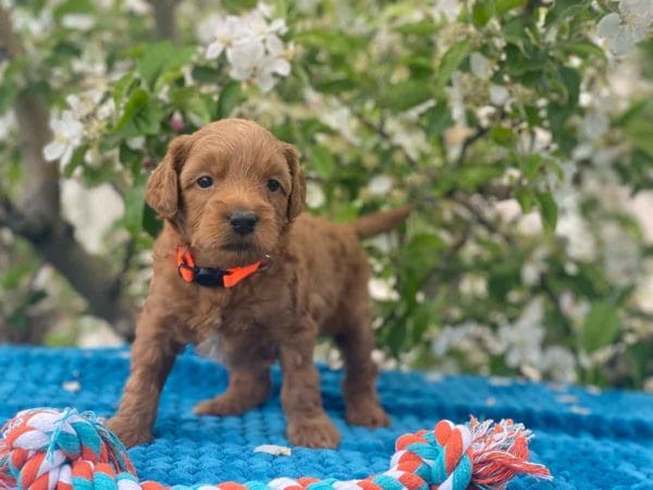 TEACUP GOLDENDOODLE PUPPIES, Precious Doodle Dogs, Teacup Doodle Dogs, Goldendoodle, Doodle Dog, Golden Doodles, Goldendoodle for sale, Goldendoodle puppies for sale, Miniature goldendoodle, goldendoodle puppies, mini goldendoodle, mini puppies, mini goldendoodle size, Mini Doodle Dogs, f1 goldendoodle, golden retriever poodle, chocolate goldendoodle, small doodles, goldendoodle temperament, goldendoodle colors, goldendoodle price, white goldendoodle, f2 goldendoodle, mini goldendoodle price, mini goldendoodle full grown, f1 mini goldendoodle, f1b goldendoodle, parti goldendoodle, goldendoodles near me, english goldendoodle, australian goldendoodle, red goldendoodle, doodle breeds, brown goldendoodle, goldendoodle cost, adult mini goldendoodle, golden noodle dog, doodle dog breeds, miniature golden doodle, miniature puppies, golden retriever poodle mix, A Star is Born, A star is born goldendoodle, a star is born dog, Bradley Cooper's Dog, Bradley Cooper Dog, Bradley Cooper's Goldendoodle, arizona goldendoodles, goldendoodle training, goldendoodle size, how big do mini goldendoodles get, goldendoodle full grown, baby goldendoodle, goldendoodle houston, golden doodles for sale, adult goldendoodle, apricot goldendoodle, goldendoodle grooming, mini golden doodles, goldendoodle shedding, f2b goldendoodle, goldendoodle hypoallergenic, goldendoodle names, english cream goldendoodle, golden retriever and poodle mix, mini goldendoodle puppies, micro goldendoodle, mini goldendoodle puppies for sale, miniature goldendoodle for sale, goldendoodle puppies for adoption, teddy bear goldendoodle, mini goldendoodle rescue, medium goldendoodle, black goldendoodle, mini goldendoodle for sale near me, goldendoodle puppies for sale near me, mini doodle, doodle puppies, mini goldendoodle for sale, goldendoodle breeders near me, miniature goldendoodle for sale near me, toy goldendoodle, petite goldendoodle, golden doodle dog, miniature goldendoodle puppies, mini goldendoodle puppies for sale near me, goldendoodles for sale near me, mini goldedoodle breeders, goldendoodle adoption, f1b mini goldendoodle, small goldendoodle, teacup goldendoodle, goldendoodle puppies near me, goldendoodle breeders, how to groom a goldendoodle, great doodle puppies, golden doodle mix, goldendoodle tampa, goldendoodle facts, white doodle dog, white goldendoodle puppy, mini goldendoodle maryland, country mini doodles, goldendoodle los angeles, toy labradoodle puppies for sale, types of goldendoodles, mini golden retriever puppies, golden goldendoodle, mini golden retriever puppies for sale, miniature australian goldendoodle, goldendoodle sacramento, goldendoodle omaha, labradoodle goldendoodle, f1 medium goldendoodle, BEST goldendoodles, pictures of mini goldendoodles, teacup goldendoodle full grown, micro mini goldendoodle full grown, toy goldendoodle price, goldendoodle chicago, retriever doodle, teacup goldendoodle puppies for sale, cute goldendoodle, mini teddy bear puppies, miniature goldendoodle full grown, f2 mini goldendoodle, goldendoodle spokane, mini goldendoodle chicago, micro mini goldendoodle, how nbig do miniature goldendoodles get, brown mini goldendoodle, mini doodle breeds, poodle doodle dog, what is a mini goldendoodle, black mini goldendoodle, mini irish doodle puppies for sale, f1b goldendoodle size, toy golden doodles, chocolate brown goldendoodle puppies for sale, petite goldendoodle full grown, goldendoodle behavior, american goldendoodle, f1b medium goldendoodle, goldendoodle puppy cost, cute goldendoodle puppies, goldendoodle indianapolis, teddy goldendoodle, mini goldendoodle weight, teddy bear golden doodles, f1b goldendoodle puppies for sale, miniature goldendoodle size, chocolate goldendoodle puppy, english cream mini goldendoodle, doodle puppies near me, red miniature goldendoodle, cream goldendoodle, goldendoodle puppy cut, mini goldendoodle hypoallergenic, dog breed goldendoodle, goldendoodle poodle mixes, goldendoodle allergies, goldendoodle info, sandy ridge goldendoodles, lakeshore goldendoodles, toy goldendoodle puppies for sale, labradoodle and goldendoodle, goldendoodle las vegas, goldendoodle phoenix, doodle breeders near me, miniature goldendoodle weight, black and white goldendoodle, sarasota goldendoodles, mini goldendoodle dallas, a goldendoodle, what is a goldendoodle, goldendoodle dallas, mini golden doodles for sale, ginger doodle puppy, how much does a mini goldendoodle cost, goldendoodle san antonio, goldendoodle photos, goldendoodle cuts, chocolate mini goldendoodle, all about goldendoodles, goldendoodle cincinnati, black doodle dog, goldendoodle weight, miniature goldendoodle breeders, goldendoodle information, miniature goldendoodle puppies for sale, doodle puppies for sale near me, black labradoodle puppies for sale, goldendoodle seattle, golden doodles near me, teacup goldendoodle for sale, golden retriever poodle puppy, goldendoodle rochester ny, goldendoodle and poodle mix, akc goldendoodle, goldendoodle kansas city, mini goldendoodle facts, goldendoodle austin, goldendoodle doodle, goldendoodle tulsa, curly goldendoodle, brown goldendoodle puppies, f1b labradoodle puppies for sale, red mini goldendoodle, goldendoodle poodle, chocolate goldendoodle for sale, tiny goldendoodle, goldendoodle puppies breeders, english goldendoodle puppies for sale, mini golden labradoodle, f1b mini teddy bear goldendoodles, red goldendoodle puppies for sale, miniature golden retriever breeders, f1 goldendoodles for sale, teacup goldendoodle puppies, toy mini goldendoodle, xs petite goldendoodle, f2 goldendoodle puppies for sale, mini goldendoodle cost, black goldendoodle for sale, english teddy bear goldendoodle, small doodle dogs, goldendoodle nashville, english goldendoodle puppies, golden retriever poodle mix for sale, red goldendoodle puppy, parti goldendoodles for sale, english cream goldendoodles for sale, doodle puppies for sale, golden retriever poodle mix puppies, goldendoodle tucson, f1b mini goldendoodle puppies for sale, mini goldendoodle breeders northeast, teddy bear goldendoodle, toy goldendoodle rescue, petite mini goldendoodle, goldendoodle stuff, mini goldendoodles near me, teddy bear goldendoodle puppies, f1 goldendoodle puppies, teddy bear goldendoodles for sale, silver goldendoodle, buy goldendoodle, mini golden doodle dog, teddy bear goldendoodles mini, micro mini goldendoodle puppies for sale, goldendoodle dogs for sale, best goldendoodle breeders, chocolate goldendoodle puppies for sale, doodle dogs for sale, toy goldendoodle puppies, mini doodle dog, toy goldendoodle breeders, doodles for sale, goldendoodle hypoallergenic dog, mini goldendoodle breeders near me, english goldendoodle breeders, f1b mini goldendoodle for sale, teacup goldendoodle price, petite goldendoodle for sale, mini english goldendoodle, mini goldendoodle info, miniature goldendoodle puppies for sale near me, black goldendoodle puppies for sale, f1 goldendoodle puppies for sale, Teacup Goldendoodles AL, Teacup Goldendoodles AK, Teacup Goldendoodles AZ, Teacup Goldendoodles AR, Teacup Goldendoodles CA, Teacup Goldendoodles CO, Teacup Goldendoodles CT, Teacup Goldendoodles DE, Teacup Goldendoodles FL, Teacup Goldendoodles GA, Teacup Goldendoodles HI, Teacup Goldendoodles ID, Teacup Goldendoodles IL, Teacup Goldendoodles IN, Teacup Goldendoodles IA, Teacup Goldendoodles KS, Teacup Goldendoodles KY, Teacup Goldendoodles LA, Teacup Goldendoodles ME, Teacup Goldendoodles MD, Teacup Goldendoodles MA, Teacup Goldendoodles MI, Teacup Goldendoodles MN, Teacup Goldendoodles MS, Teacup Goldendoodles MO, Teacup Goldendoodles MT, Teacup Goldendoodles NE, Teacup Goldendoodles NV, Teacup Goldendoodles NH, Teacup Goldendoodles NJ, Teacup Goldendoodles NM, Teacup Goldendoodles NY, Teacup Goldendoodles NC, Teacup Goldendoodles ND, Teacup Goldendoodles OH, Teacup Goldendoodles OK, Teacup Goldendoodles OR, Teacup Goldendoodles PA, Teacup Goldendoodles RI, Teacup Goldendoodles SC, Teacup Goldendoodles SD, Teacup Goldendoodles TN, Teacup Goldendoodles TX, Teacup Goldendoodles UT, Teacup Goldendoodles VT, Teacup Goldendoodles VA, Teacup Goldendoodles WA, Teacup Goldendoodles WV, Teacup Goldendoodles WI, Teacup Goldendoodles WY, Teacup Golden Doodles AL, Teacup Golden Doodles AK, Teacup Golden Doodles AZ, Teacup Golden Doodles AR, Teacup Golden Doodles CA, Teacup Golden Doodles CO, Teacup Golden Doodles CT, Teacup Golden Doodles DE, Teacup Golden Doodles FL, Teacup Golden Doodles GA, Teacup Golden Doodles HI, Teacup Golden Doodles ID, Teacup Golden Doodles IL, Teacup Golden Doodles IN, Teacup Golden Doodles IA, Teacup Golden Doodles KS, Teacup Golden Doodles KY, Teacup Golden Doodles LA, Teacup Golden Doodles ME, Teacup Golden Doodles MD, Teacup Golden Doodles MA, Teacup Golden Doodles MI, Teacup Golden Doodles MN, Teacup Golden Doodles MS, Teacup Golden Doodles MO, Teacup Golden Doodles MT, Teacup Golden Doodles NE, Teacup Golden Doodles NV, Teacup Golden Doodles NH, Teacup Golden Doodles NJ, Teacup Golden Doodles NM, Teacup Golden Doodles NY, Teacup Golden Doodles NC, Teacup Golden Doodles ND, Teacup Golden Doodles OH, Teacup Golden Doodles OK, Teacup Golden Doodles OR, Teacup Golden Doodles PA, Teacup Golden Doodles RI, Teacup Golden Doodles SC, Teacup Golden Doodles SD, Teacup Golden Doodles TN, Teacup Golden Doodles TX, Teacup Golden Doodles UT, Teacup Golden Doodles VT, Teacup Golden Doodles VA, Teacup Golden Doodles WA, Teacup Golden Doodles WV, Teacup Golden Doodles WI, Teacup Golden Doodles WY, Toy Goldendoodle Alabama, Toy Goldendoodle Alaska, Toy Goldendoodle Arizona, Toy Goldendoodle Arkansas, Toy Goldendoodle California, Toy Goldendoodle Colorado, Toy Goldendoodle Connecticut, Toy Goldendoodle Delaware, Toy Goldendoodle Florida, Toy Goldendoodle Georgia, Toy Goldendoodle Hawaii, Toy Goldendoodle Idaho, Toy Goldendoodle Illinois, Toy Goldendoodle Indiana, Toy Goldendoodle Iowa, Toy Goldendoodle Kansas, Toy Goldendoodle Kentucky, Toy Goldendoodle Louisiana, Toy Goldendoodle Maine, Toy Goldendoodle Maryland, Toy Goldendoodle Massachusetts, Toy Goldendoodle Michigan, Toy Goldendoodle Minnesota, Toy Goldendoodle Mississippi, Toy Goldendoodle Missouri, Toy Goldendoodle Montana, Toy Goldendoodle Nebraska, Toy Goldendoodle Nevada, Toy Goldendoodle New Hampshire, Toy Goldendoodle New Jersey, Toy Goldendoodle New Mexico, Toy Goldendoodle New York, Toy Goldendoodle North Carolina, Toy Goldendoodle North Dakota, Toy Goldendoodle Ohio, Toy Goldendoodle Oklahoma, Toy Goldendoodle Oregon, Toy Goldendoodle Pennsylvania, Toy Goldendoodle Rhode Island, Toy Goldendoodle South Carolina, Toy Goldendoodle South Dakota, Toy Goldendoodle Tennessee, Toy Goldendoodle Texas, Toy Goldendoodle Utah, Toy Goldendoodle Vermont, Toy Goldendoodle Virginia, Toy Goldendoodle Washington, Toy Goldendoodle West Virginia, Toy Goldendoodle Wisconsin, Toy Goldendoodle Wyoming, Teacup Goldendoodle breeders AL, Teacup Goldendoodle breeders AK, Teacup Goldendoodle breeders AZ, Teacup Goldendoodle breeders AR, Teacup Goldendoodle breeders CA, Teacup Goldendoodle breeders CO, Teacup Goldendoodle breeders CT, Teacup Goldendoodle breeders DE, Teacup Goldendoodle breeders FL, Teacup Goldendoodle breeders GA, Teacup Goldendoodle breeders HI, Teacup Goldendoodle breeders ID, Teacup Goldendoodle breeders IL, Teacup Goldendoodle breeders IN, Teacup Goldendoodle breeders IA, Teacup Goldendoodle breeders KS, Teacup Goldendoodle breeders KY, Teacup Goldendoodle breeders LA, Teacup Goldendoodle breeders ME, Teacup Goldendoodle breeders MD, Teacup Goldendoodle breeders MA, Teacup Goldendoodle breeders MI, Teacup Goldendoodle breeders MN, Teacup Goldendoodle breeders MS, Teacup Goldendoodle breeders MO, Teacup Goldendoodle breeders MT, Teacup Goldendoodle breeders NE, Teacup Goldendoodle breeders NV, Teacup Goldendoodle breeders NH, Teacup Goldendoodle breeders NJ, Teacup Goldendoodle breeders NM, Teacup Goldendoodle breeders NY, Teacup Goldendoodle breeders NC, Teacup Goldendoodle breeders ND, Teacup Goldendoodle breeders OH, Teacup Goldendoodle breeders OK, Teacup Goldendoodle breeders OR, Teacup Goldendoodle breeders PA, Teacup Goldendoodle breeders RI, Teacup Goldendoodle breeders SC, Teacup Goldendoodle breeders SD, Teacup Goldendoodle breeders TN, Teacup Goldendoodle breeders TX, Teacup Goldendoodle breeders UT, Teacup Goldendoodle breeders VT, Teacup Goldendoodle breeders VA, Teacup Goldendoodle breeders WA, Teacup Goldendoodle breeders WV, Teacup Goldendoodle breeders WI, Teacup Goldendoodle breeders WY, Teacup Golden doodle puppies for sale in AL, Teacup Golden doodle puppies for sale in AK, Teacup Golden doodle puppies for sale in AZ, Teacup Golden doodle puppies for sale in AR, Teacup Golden doodle puppies for sale in CA, Teacup Golden doodle puppies for sale in CO, Teacup Golden doodle puppies for sale in CT, Teacup Golden doodle puppies for sale in DE, Teacup Golden doodle puppies for sale in FL, Teacup Golden doodle puppies for sale in GA, Teacup Golden doodle puppies for sale in HI, Teacup Golden doodle puppies for sale in ID, Teacup Golden doodle puppies for sale in IL, Teacup Golden doodle puppies for sale in IN, Teacup Golden doodle puppies for sale in IA, Teacup Golden doodle puppies for sale in KS, Teacup Golden doodle puppies for sale in KY, Teacup Golden doodle puppies for sale in LA, Teacup Golden doodle puppies for sale in ME, Teacup Golden doodle puppies for sale in MD, Teacup Golden doodle puppies for sale in MA, Teacup Golden doodle puppies for sale in MI, Teacup Golden doodle puppies for sale in MN, Teacup Golden doodle puppies for sale in MS, Teacup Golden doodle puppies for sale in MO, Teacup Golden doodle puppies for sale in MT, Teacup Golden doodle puppies for sale in NE, Teacup Golden doodle puppies for sale in NV, Teacup Golden doodle puppies for sale in NH, Teacup Golden doodle puppies for sale in NJ, Teacup Golden doodle puppies for sale in NM, Teacup Golden doodle puppies for sale in NY, Teacup Golden doodle puppies for sale in NC, Teacup Golden doodle puppies for sale in ND, Teacup Golden doodle puppies for sale in OH, Teacup Golden doodle puppies for sale in OK, Teacup Golden doodle puppies for sale in OR, Teacup Golden doodle puppies for sale in PA, Teacup Golden doodle puppies for sale in RI, Teacup Golden doodle puppies for sale in SC, Teacup Golden doodle puppies for sale in SD, Teacup Golden doodle puppies for sale in TN, Teacup Golden doodle puppies for sale in TX, Teacup Golden doodle puppies for sale in UT, Teacup Golden doodle puppies for sale in VT, Teacup Golden doodle puppies for sale in VA, Teacup Golden doodle puppies for sale in WA, Teacup Golden doodle puppies for sale in WV, Teacup Golden doodle puppies for sale in WI, Teacup Golden doodle puppies for sale in WY, Teacup Goldendoodles for sale in AL, Teacup Goldendoodles for sale in AK, Teacup Goldendoodles for sale in AZ, Teacup Goldendoodles for sale in AR, Teacup Goldendoodles for sale in CA, Teacup Goldendoodles for sale in CO, Teacup Goldendoodles for sale in CT, Teacup Goldendoodles for sale in DE, Teacup Goldendoodles for sale in FL, Teacup Goldendoodles for sale in GA, Teacup Goldendoodles for sale in HI, Teacup Goldendoodles for sale in ID, Teacup Goldendoodles for sale in IL, Teacup Goldendoodles for sale in IN, Teacup Goldendoodles for sale in IA, Teacup Goldendoodles for sale in KS, Teacup Goldendoodles for sale in KY, Teacup Goldendoodles for sale in LA, Teacup Goldendoodles for sale in ME, Teacup Goldendoodles for sale in MD, Teacup Goldendoodles for sale in MA, Teacup Goldendoodles for sale in MI, Teacup Goldendoodles for sale in MN, Teacup Goldendoodles for sale in MS, Teacup Goldendoodles for sale in MO, Teacup Goldendoodles for sale in MT, Teacup Goldendoodles for sale in NE, Teacup Goldendoodles for sale in NV, Teacup Goldendoodles for sale in NH, Teacup Goldendoodles for sale in NJ, Teacup Goldendoodles for sale in NM, Teacup Goldendoodles for sale in NY, Teacup Goldendoodles for sale in NC, Teacup Goldendoodles for sale in ND, Teacup Goldendoodles for sale in OH, Teacup Goldendoodles for sale in OK, Teacup Goldendoodles for sale in OR, Teacup Goldendoodles for sale in PA, Teacup Goldendoodles for sale in RI, Teacup Goldendoodles for sale in SC, Teacup Goldendoodles for sale in SD, Teacup Goldendoodles for sale in TN, Teacup Goldendoodles for sale in TX, Teacup Goldendoodles for sale in UT, Teacup Goldendoodles for sale in VT, Teacup Goldendoodles for sale in VA, Teacup Goldendoodles for sale in WA, Teacup Goldendoodles for sale in WV, Teacup Goldendoodles for sale in WI, Teacup Goldendoodles for sale in WY, Teacup Goldendoodle Alabama, Teacup Goldendoodle Alaska, Teacup Goldendoodle Arizona, Teacup Goldendoodle Arkansas, Teacup Goldendoodle California, Teacup Goldendoodle Colorado, Teacup Goldendoodle Connecticut, Teacup Goldendoodle Delaware, Teacup Goldendoodle Florida, Teacup Goldendoodle Georgia, Teacup Goldendoodle Hawaii, Teacup Goldendoodle Idaho, Teacup Goldendoodle Illinois, Teacup Goldendoodle Indiana, Teacup Goldendoodle Iowa, Teacup Goldendoodle Kansas, Teacup Goldendoodle Kentucky, Teacup Goldendoodle Louisiana, Teacup Goldendoodle Maine, Teacup Goldendoodle Maryland, Teacup Goldendoodle Massachusetts, Teacup Goldendoodle Michigan, Teacup Goldendoodle Minnesota, Teacup Goldendoodle Mississippi, Teacup Goldendoodle Missouri, Teacup Goldendoodle Montana, Teacup Goldendoodle Nebraska, Teacup Goldendoodle Nevada, Teacup Goldendoodle New Hampshire, Teacup Goldendoodle New Jersey, Teacup Goldendoodle New Mexico, Teacup Goldendoodle New York, Teacup Goldendoodle North Carolina, Teacup Goldendoodle North Dakota, Teacup Goldendoodle Ohio, Teacup Goldendoodle Oklahoma, Teacup Goldendoodle Oregon, Teacup Goldendoodle Pennsylvania, Teacup Goldendoodle Rhode Island, Teacup Goldendoodle South Carolina, Teacup Goldendoodle South Dakota, Teacup Goldendoodle Tennessee, Teacup Goldendoodle Texas, Teacup Goldendoodle Utah, Teacup Goldendoodle Vermont, Teacup Goldendoodle Virginia, Teacup Goldendoodle Washington, Teacup Goldendoodle West Virginia, Teacup Goldendoodle Wisconsin, Teacup Goldendoodle Wyoming, Goldendoodle Breeders AL, Goldendoodle Breeders AK, Goldendoodle Breeders AZ, Goldendoodle Breeders AR, Goldendoodle Breeders CA, Goldendoodle Breeders CO, Goldendoodle Breeders CT, Goldendoodle Breeders DE, Goldendoodle Breeders FL, Goldendoodle Breeders GA, Goldendoodle Breeders HI, Goldendoodle Breeders ID, Goldendoodle Breeders IL, Goldendoodle Breeders IN, Goldendoodle Breeders IA, Goldendoodle Breeders KS, Goldendoodle Breeders KY, Goldendoodle Breeders LA, Goldendoodle Breeders ME, Goldendoodle Breeders MD, Goldendoodle Breeders MA, Goldendoodle Breeders MI, Goldendoodle Breeders MN, Goldendoodle Breeders MS, Goldendoodle Breeders MO, Goldendoodle Breeders MT, Goldendoodle Breeders NE, Goldendoodle Breeders NV, Goldendoodle Breeders NH, Goldendoodle Breeders NJ, Goldendoodle Breeders NM, Goldendoodle Breeders NY, Goldendoodle Breeders NC, Goldendoodle Breeders ND, Goldendoodle Breeders OH, Goldendoodle Breeders OK, Goldendoodle Breeders OR, Goldendoodle Breeders PA, Goldendoodle Breeders RI, Goldendoodle Breeders SC, Goldendoodle Breeders SD, Goldendoodle Breeders TN, Goldendoodle Breeders TX, Goldendoodle Breeders UT, Goldendoodle Breeders VT, Goldendoodle Breeders VA, Goldendoodle Breeders WA, Goldendoodle Breeders WV, Goldendoodle Breeders WI, Goldendoodle Breeders WY, Teacup Golden doodles for sale in AL, Teacup Golden doodles for sale in AK, Teacup Golden doodles for sale in AZ, Teacup Golden doodles for sale in AR, Teacup Golden doodles for sale in CA, Teacup Golden doodles for sale in CO, Teacup Golden doodles for sale in CT, Teacup Golden doodles for sale in DE, Teacup Golden doodles for sale in FL, Teacup Golden doodles for sale in GA, Teacup Golden doodles for sale in HI, Teacup Golden doodles for sale in ID, Teacup Golden doodles for sale in IL, Teacup Golden doodles for sale in IN, Teacup Golden doodles for sale in IA, Teacup Golden doodles for sale in KS, Teacup Golden doodles for sale in KY, Teacup Golden doodles for sale in LA, Teacup Golden doodles for sale in ME, Teacup Golden doodles for sale in MD, Teacup Golden doodles for sale in MA, Teacup Golden doodles for sale in MI, Teacup Golden doodles for sale in MN, Teacup Golden doodles for sale in MS, Teacup Golden doodles for sale in MO, Teacup Golden doodles for sale in MT, Teacup Golden doodles for sale in NE, Teacup Golden doodles for sale in NV, Teacup Golden doodles for sale in NH, Teacup Golden doodles for sale in NJ, Teacup Golden doodles for sale in NM, Teacup Golden doodles for sale in NY, Teacup Golden doodles for sale in NC, Teacup Golden doodles for sale in ND, Teacup Golden doodles for sale in OH, Teacup Golden doodles for sale in OK, Teacup Golden doodles for sale in OR, Teacup Golden doodles for sale in PA, Teacup Golden doodles for sale in RI, Teacup Golden doodles for sale in SC, Teacup Golden doodles for sale in SD, Teacup Golden doodles for sale in TN, Teacup Golden doodles for sale in TX, Teacup Golden doodles for sale in UT, Teacup Golden doodles for sale in VT, Teacup Golden doodles for sale in VA, Teacup Golden doodles for sale in WA, Teacup Golden doodles for sale in WV, Teacup Golden doodles for sale in WI, Teacup Golden doodles for sale in WY,