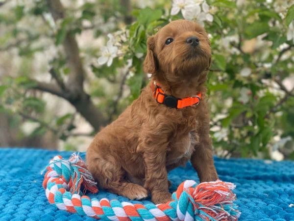 TEACUP GOLDENDOODLE PUPPIES, Precious Doodle Dogs, Teacup Doodle Dogs, Goldendoodle, Doodle Dog, Golden Doodles, Goldendoodle for sale, Goldendoodle puppies for sale, Miniature goldendoodle, goldendoodle puppies, mini goldendoodle, mini puppies, mini goldendoodle size, Mini Doodle Dogs, f1 goldendoodle, golden retriever poodle, chocolate goldendoodle, small doodles, goldendoodle temperament, goldendoodle colors, goldendoodle price, white goldendoodle, f2 goldendoodle, mini goldendoodle price, mini goldendoodle full grown, f1 mini goldendoodle, f1b goldendoodle, parti goldendoodle, goldendoodles near me, english goldendoodle, australian goldendoodle, red goldendoodle, doodle breeds, brown goldendoodle, goldendoodle cost, adult mini goldendoodle, golden noodle dog, doodle dog breeds, miniature golden doodle, miniature puppies, golden retriever poodle mix, A Star is Born, A star is born goldendoodle, a star is born dog, Bradley Cooper's Dog, Bradley Cooper Dog, Bradley Cooper's Goldendoodle, arizona goldendoodles, goldendoodle training, goldendoodle size, how big do mini goldendoodles get, goldendoodle full grown, baby goldendoodle, goldendoodle houston, golden doodles for sale, adult goldendoodle, apricot goldendoodle, goldendoodle grooming, mini golden doodles, goldendoodle shedding, f2b goldendoodle, goldendoodle hypoallergenic, goldendoodle names, english cream goldendoodle, golden retriever and poodle mix, mini goldendoodle puppies, micro goldendoodle, mini goldendoodle puppies for sale, miniature goldendoodle for sale, goldendoodle puppies for adoption, teddy bear goldendoodle, mini goldendoodle rescue, medium goldendoodle, black goldendoodle, mini goldendoodle for sale near me, goldendoodle puppies for sale near me, mini doodle, doodle puppies, mini goldendoodle for sale, goldendoodle breeders near me, miniature goldendoodle for sale near me, toy goldendoodle, petite goldendoodle, golden doodle dog, miniature goldendoodle puppies, mini goldendoodle puppies for sale near me, goldendoodles for sale near me, mini goldedoodle breeders, goldendoodle adoption, f1b mini goldendoodle, small goldendoodle, teacup goldendoodle, goldendoodle puppies near me, goldendoodle breeders, how to groom a goldendoodle, great doodle puppies, golden doodle mix, goldendoodle tampa, goldendoodle facts, white doodle dog, white goldendoodle puppy, mini goldendoodle maryland, country mini doodles, goldendoodle los angeles, toy labradoodle puppies for sale, types of goldendoodles, mini golden retriever puppies, golden goldendoodle, mini golden retriever puppies for sale, miniature australian goldendoodle, goldendoodle sacramento, goldendoodle omaha, labradoodle goldendoodle, f1 medium goldendoodle, BEST goldendoodles, pictures of mini goldendoodles, teacup goldendoodle full grown, micro mini goldendoodle full grown, toy goldendoodle price, goldendoodle chicago, retriever doodle, teacup goldendoodle puppies for sale, cute goldendoodle, mini teddy bear puppies, miniature goldendoodle full grown, f2 mini goldendoodle, goldendoodle spokane, mini goldendoodle chicago, micro mini goldendoodle, how nbig do miniature goldendoodles get, brown mini goldendoodle, mini doodle breeds, poodle doodle dog, what is a mini goldendoodle, black mini goldendoodle, mini irish doodle puppies for sale, f1b goldendoodle size, toy golden doodles, chocolate brown goldendoodle puppies for sale, petite goldendoodle full grown, goldendoodle behavior, american goldendoodle, f1b medium goldendoodle, goldendoodle puppy cost, cute goldendoodle puppies, goldendoodle indianapolis, teddy goldendoodle, mini goldendoodle weight, teddy bear golden doodles, f1b goldendoodle puppies for sale, miniature goldendoodle size, chocolate goldendoodle puppy, english cream mini goldendoodle, doodle puppies near me, red miniature goldendoodle, cream goldendoodle, goldendoodle puppy cut, mini goldendoodle hypoallergenic, dog breed goldendoodle, goldendoodle poodle mixes, goldendoodle allergies, goldendoodle info, sandy ridge goldendoodles, lakeshore goldendoodles, toy goldendoodle puppies for sale, labradoodle and goldendoodle, goldendoodle las vegas, goldendoodle phoenix, doodle breeders near me, miniature goldendoodle weight, black and white goldendoodle, sarasota goldendoodles, mini goldendoodle dallas, a goldendoodle, what is a goldendoodle, goldendoodle dallas, mini golden doodles for sale, ginger doodle puppy, how much does a mini goldendoodle cost, goldendoodle san antonio, goldendoodle photos, goldendoodle cuts, chocolate mini goldendoodle, all about goldendoodles, goldendoodle cincinnati, black doodle dog, goldendoodle weight, miniature goldendoodle breeders, goldendoodle information, miniature goldendoodle puppies for sale, doodle puppies for sale near me, black labradoodle puppies for sale, goldendoodle seattle, golden doodles near me, teacup goldendoodle for sale, golden retriever poodle puppy, goldendoodle rochester ny, goldendoodle and poodle mix, akc goldendoodle, goldendoodle kansas city, mini goldendoodle facts, goldendoodle austin, goldendoodle doodle, goldendoodle tulsa, curly goldendoodle, brown goldendoodle puppies, f1b labradoodle puppies for sale, red mini goldendoodle, goldendoodle poodle, chocolate goldendoodle for sale, tiny goldendoodle, goldendoodle puppies breeders, english goldendoodle puppies for sale, mini golden labradoodle, f1b mini teddy bear goldendoodles, red goldendoodle puppies for sale, miniature golden retriever breeders, f1 goldendoodles for sale, teacup goldendoodle puppies, toy mini goldendoodle, xs petite goldendoodle, f2 goldendoodle puppies for sale, mini goldendoodle cost, black goldendoodle for sale, english teddy bear goldendoodle, small doodle dogs, goldendoodle nashville, english goldendoodle puppies, golden retriever poodle mix for sale, red goldendoodle puppy, parti goldendoodles for sale, english cream goldendoodles for sale, doodle puppies for sale, golden retriever poodle mix puppies, goldendoodle tucson, f1b mini goldendoodle puppies for sale, mini goldendoodle breeders northeast, teddy bear goldendoodle, toy goldendoodle rescue, petite mini goldendoodle, goldendoodle stuff, mini goldendoodles near me, teddy bear goldendoodle puppies, f1 goldendoodle puppies, teddy bear goldendoodles for sale, silver goldendoodle, buy goldendoodle, mini golden doodle dog, teddy bear goldendoodles mini, micro mini goldendoodle puppies for sale, goldendoodle dogs for sale, best goldendoodle breeders, chocolate goldendoodle puppies for sale, doodle dogs for sale, toy goldendoodle puppies, mini doodle dog, toy goldendoodle breeders, doodles for sale, goldendoodle hypoallergenic dog, mini goldendoodle breeders near me, english goldendoodle breeders, f1b mini goldendoodle for sale, teacup goldendoodle price, petite goldendoodle for sale, mini english goldendoodle, mini goldendoodle info, miniature goldendoodle puppies for sale near me, black goldendoodle puppies for sale, f1 goldendoodle puppies for sale, Teacup Goldendoodles AL, Teacup Goldendoodles AK, Teacup Goldendoodles AZ, Teacup Goldendoodles AR, Teacup Goldendoodles CA, Teacup Goldendoodles CO, Teacup Goldendoodles CT, Teacup Goldendoodles DE, Teacup Goldendoodles FL, Teacup Goldendoodles GA, Teacup Goldendoodles HI, Teacup Goldendoodles ID, Teacup Goldendoodles IL, Teacup Goldendoodles IN, Teacup Goldendoodles IA, Teacup Goldendoodles KS, Teacup Goldendoodles KY, Teacup Goldendoodles LA, Teacup Goldendoodles ME, Teacup Goldendoodles MD, Teacup Goldendoodles MA, Teacup Goldendoodles MI, Teacup Goldendoodles MN, Teacup Goldendoodles MS, Teacup Goldendoodles MO, Teacup Goldendoodles MT, Teacup Goldendoodles NE, Teacup Goldendoodles NV, Teacup Goldendoodles NH, Teacup Goldendoodles NJ, Teacup Goldendoodles NM, Teacup Goldendoodles NY, Teacup Goldendoodles NC, Teacup Goldendoodles ND, Teacup Goldendoodles OH, Teacup Goldendoodles OK, Teacup Goldendoodles OR, Teacup Goldendoodles PA, Teacup Goldendoodles RI, Teacup Goldendoodles SC, Teacup Goldendoodles SD, Teacup Goldendoodles TN, Teacup Goldendoodles TX, Teacup Goldendoodles UT, Teacup Goldendoodles VT, Teacup Goldendoodles VA, Teacup Goldendoodles WA, Teacup Goldendoodles WV, Teacup Goldendoodles WI, Teacup Goldendoodles WY, Teacup Golden Doodles AL, Teacup Golden Doodles AK, Teacup Golden Doodles AZ, Teacup Golden Doodles AR, Teacup Golden Doodles CA, Teacup Golden Doodles CO, Teacup Golden Doodles CT, Teacup Golden Doodles DE, Teacup Golden Doodles FL, Teacup Golden Doodles GA, Teacup Golden Doodles HI, Teacup Golden Doodles ID, Teacup Golden Doodles IL, Teacup Golden Doodles IN, Teacup Golden Doodles IA, Teacup Golden Doodles KS, Teacup Golden Doodles KY, Teacup Golden Doodles LA, Teacup Golden Doodles ME, Teacup Golden Doodles MD, Teacup Golden Doodles MA, Teacup Golden Doodles MI, Teacup Golden Doodles MN, Teacup Golden Doodles MS, Teacup Golden Doodles MO, Teacup Golden Doodles MT, Teacup Golden Doodles NE, Teacup Golden Doodles NV, Teacup Golden Doodles NH, Teacup Golden Doodles NJ, Teacup Golden Doodles NM, Teacup Golden Doodles NY, Teacup Golden Doodles NC, Teacup Golden Doodles ND, Teacup Golden Doodles OH, Teacup Golden Doodles OK, Teacup Golden Doodles OR, Teacup Golden Doodles PA, Teacup Golden Doodles RI, Teacup Golden Doodles SC, Teacup Golden Doodles SD, Teacup Golden Doodles TN, Teacup Golden Doodles TX, Teacup Golden Doodles UT, Teacup Golden Doodles VT, Teacup Golden Doodles VA, Teacup Golden Doodles WA, Teacup Golden Doodles WV, Teacup Golden Doodles WI, Teacup Golden Doodles WY, Toy Goldendoodle Alabama, Toy Goldendoodle Alaska, Toy Goldendoodle Arizona, Toy Goldendoodle Arkansas, Toy Goldendoodle California, Toy Goldendoodle Colorado, Toy Goldendoodle Connecticut, Toy Goldendoodle Delaware, Toy Goldendoodle Florida, Toy Goldendoodle Georgia, Toy Goldendoodle Hawaii, Toy Goldendoodle Idaho, Toy Goldendoodle Illinois, Toy Goldendoodle Indiana, Toy Goldendoodle Iowa, Toy Goldendoodle Kansas, Toy Goldendoodle Kentucky, Toy Goldendoodle Louisiana, Toy Goldendoodle Maine, Toy Goldendoodle Maryland, Toy Goldendoodle Massachusetts, Toy Goldendoodle Michigan, Toy Goldendoodle Minnesota, Toy Goldendoodle Mississippi, Toy Goldendoodle Missouri, Toy Goldendoodle Montana, Toy Goldendoodle Nebraska, Toy Goldendoodle Nevada, Toy Goldendoodle New Hampshire, Toy Goldendoodle New Jersey, Toy Goldendoodle New Mexico, Toy Goldendoodle New York, Toy Goldendoodle North Carolina, Toy Goldendoodle North Dakota, Toy Goldendoodle Ohio, Toy Goldendoodle Oklahoma, Toy Goldendoodle Oregon, Toy Goldendoodle Pennsylvania, Toy Goldendoodle Rhode Island, Toy Goldendoodle South Carolina, Toy Goldendoodle South Dakota, Toy Goldendoodle Tennessee, Toy Goldendoodle Texas, Toy Goldendoodle Utah, Toy Goldendoodle Vermont, Toy Goldendoodle Virginia, Toy Goldendoodle Washington, Toy Goldendoodle West Virginia, Toy Goldendoodle Wisconsin, Toy Goldendoodle Wyoming, Teacup Goldendoodle breeders AL, Teacup Goldendoodle breeders AK, Teacup Goldendoodle breeders AZ, Teacup Goldendoodle breeders AR, Teacup Goldendoodle breeders CA, Teacup Goldendoodle breeders CO, Teacup Goldendoodle breeders CT, Teacup Goldendoodle breeders DE, Teacup Goldendoodle breeders FL, Teacup Goldendoodle breeders GA, Teacup Goldendoodle breeders HI, Teacup Goldendoodle breeders ID, Teacup Goldendoodle breeders IL, Teacup Goldendoodle breeders IN, Teacup Goldendoodle breeders IA, Teacup Goldendoodle breeders KS, Teacup Goldendoodle breeders KY, Teacup Goldendoodle breeders LA, Teacup Goldendoodle breeders ME, Teacup Goldendoodle breeders MD, Teacup Goldendoodle breeders MA, Teacup Goldendoodle breeders MI, Teacup Goldendoodle breeders MN, Teacup Goldendoodle breeders MS, Teacup Goldendoodle breeders MO, Teacup Goldendoodle breeders MT, Teacup Goldendoodle breeders NE, Teacup Goldendoodle breeders NV, Teacup Goldendoodle breeders NH, Teacup Goldendoodle breeders NJ, Teacup Goldendoodle breeders NM, Teacup Goldendoodle breeders NY, Teacup Goldendoodle breeders NC, Teacup Goldendoodle breeders ND, Teacup Goldendoodle breeders OH, Teacup Goldendoodle breeders OK, Teacup Goldendoodle breeders OR, Teacup Goldendoodle breeders PA, Teacup Goldendoodle breeders RI, Teacup Goldendoodle breeders SC, Teacup Goldendoodle breeders SD, Teacup Goldendoodle breeders TN, Teacup Goldendoodle breeders TX, Teacup Goldendoodle breeders UT, Teacup Goldendoodle breeders VT, Teacup Goldendoodle breeders VA, Teacup Goldendoodle breeders WA, Teacup Goldendoodle breeders WV, Teacup Goldendoodle breeders WI, Teacup Goldendoodle breeders WY, Teacup Golden doodle puppies for sale in AL, Teacup Golden doodle puppies for sale in AK, Teacup Golden doodle puppies for sale in AZ, Teacup Golden doodle puppies for sale in AR, Teacup Golden doodle puppies for sale in CA, Teacup Golden doodle puppies for sale in CO, Teacup Golden doodle puppies for sale in CT, Teacup Golden doodle puppies for sale in DE, Teacup Golden doodle puppies for sale in FL, Teacup Golden doodle puppies for sale in GA, Teacup Golden doodle puppies for sale in HI, Teacup Golden doodle puppies for sale in ID, Teacup Golden doodle puppies for sale in IL, Teacup Golden doodle puppies for sale in IN, Teacup Golden doodle puppies for sale in IA, Teacup Golden doodle puppies for sale in KS, Teacup Golden doodle puppies for sale in KY, Teacup Golden doodle puppies for sale in LA, Teacup Golden doodle puppies for sale in ME, Teacup Golden doodle puppies for sale in MD, Teacup Golden doodle puppies for sale in MA, Teacup Golden doodle puppies for sale in MI, Teacup Golden doodle puppies for sale in MN, Teacup Golden doodle puppies for sale in MS, Teacup Golden doodle puppies for sale in MO, Teacup Golden doodle puppies for sale in MT, Teacup Golden doodle puppies for sale in NE, Teacup Golden doodle puppies for sale in NV, Teacup Golden doodle puppies for sale in NH, Teacup Golden doodle puppies for sale in NJ, Teacup Golden doodle puppies for sale in NM, Teacup Golden doodle puppies for sale in NY, Teacup Golden doodle puppies for sale in NC, Teacup Golden doodle puppies for sale in ND, Teacup Golden doodle puppies for sale in OH, Teacup Golden doodle puppies for sale in OK, Teacup Golden doodle puppies for sale in OR, Teacup Golden doodle puppies for sale in PA, Teacup Golden doodle puppies for sale in RI, Teacup Golden doodle puppies for sale in SC, Teacup Golden doodle puppies for sale in SD, Teacup Golden doodle puppies for sale in TN, Teacup Golden doodle puppies for sale in TX, Teacup Golden doodle puppies for sale in UT, Teacup Golden doodle puppies for sale in VT, Teacup Golden doodle puppies for sale in VA, Teacup Golden doodle puppies for sale in WA, Teacup Golden doodle puppies for sale in WV, Teacup Golden doodle puppies for sale in WI, Teacup Golden doodle puppies for sale in WY, Teacup Goldendoodles for sale in AL, Teacup Goldendoodles for sale in AK, Teacup Goldendoodles for sale in AZ, Teacup Goldendoodles for sale in AR, Teacup Goldendoodles for sale in CA, Teacup Goldendoodles for sale in CO, Teacup Goldendoodles for sale in CT, Teacup Goldendoodles for sale in DE, Teacup Goldendoodles for sale in FL, Teacup Goldendoodles for sale in GA, Teacup Goldendoodles for sale in HI, Teacup Goldendoodles for sale in ID, Teacup Goldendoodles for sale in IL, Teacup Goldendoodles for sale in IN, Teacup Goldendoodles for sale in IA, Teacup Goldendoodles for sale in KS, Teacup Goldendoodles for sale in KY, Teacup Goldendoodles for sale in LA, Teacup Goldendoodles for sale in ME, Teacup Goldendoodles for sale in MD, Teacup Goldendoodles for sale in MA, Teacup Goldendoodles for sale in MI, Teacup Goldendoodles for sale in MN, Teacup Goldendoodles for sale in MS, Teacup Goldendoodles for sale in MO, Teacup Goldendoodles for sale in MT, Teacup Goldendoodles for sale in NE, Teacup Goldendoodles for sale in NV, Teacup Goldendoodles for sale in NH, Teacup Goldendoodles for sale in NJ, Teacup Goldendoodles for sale in NM, Teacup Goldendoodles for sale in NY, Teacup Goldendoodles for sale in NC, Teacup Goldendoodles for sale in ND, Teacup Goldendoodles for sale in OH, Teacup Goldendoodles for sale in OK, Teacup Goldendoodles for sale in OR, Teacup Goldendoodles for sale in PA, Teacup Goldendoodles for sale in RI, Teacup Goldendoodles for sale in SC, Teacup Goldendoodles for sale in SD, Teacup Goldendoodles for sale in TN, Teacup Goldendoodles for sale in TX, Teacup Goldendoodles for sale in UT, Teacup Goldendoodles for sale in VT, Teacup Goldendoodles for sale in VA, Teacup Goldendoodles for sale in WA, Teacup Goldendoodles for sale in WV, Teacup Goldendoodles for sale in WI, Teacup Goldendoodles for sale in WY, Teacup Goldendoodle Alabama, Teacup Goldendoodle Alaska, Teacup Goldendoodle Arizona, Teacup Goldendoodle Arkansas, Teacup Goldendoodle California, Teacup Goldendoodle Colorado, Teacup Goldendoodle Connecticut, Teacup Goldendoodle Delaware, Teacup Goldendoodle Florida, Teacup Goldendoodle Georgia, Teacup Goldendoodle Hawaii, Teacup Goldendoodle Idaho, Teacup Goldendoodle Illinois, Teacup Goldendoodle Indiana, Teacup Goldendoodle Iowa, Teacup Goldendoodle Kansas, Teacup Goldendoodle Kentucky, Teacup Goldendoodle Louisiana, Teacup Goldendoodle Maine, Teacup Goldendoodle Maryland, Teacup Goldendoodle Massachusetts, Teacup Goldendoodle Michigan, Teacup Goldendoodle Minnesota, Teacup Goldendoodle Mississippi, Teacup Goldendoodle Missouri, Teacup Goldendoodle Montana, Teacup Goldendoodle Nebraska, Teacup Goldendoodle Nevada, Teacup Goldendoodle New Hampshire, Teacup Goldendoodle New Jersey, Teacup Goldendoodle New Mexico, Teacup Goldendoodle New York, Teacup Goldendoodle North Carolina, Teacup Goldendoodle North Dakota, Teacup Goldendoodle Ohio, Teacup Goldendoodle Oklahoma, Teacup Goldendoodle Oregon, Teacup Goldendoodle Pennsylvania, Teacup Goldendoodle Rhode Island, Teacup Goldendoodle South Carolina, Teacup Goldendoodle South Dakota, Teacup Goldendoodle Tennessee, Teacup Goldendoodle Texas, Teacup Goldendoodle Utah, Teacup Goldendoodle Vermont, Teacup Goldendoodle Virginia, Teacup Goldendoodle Washington, Teacup Goldendoodle West Virginia, Teacup Goldendoodle Wisconsin, Teacup Goldendoodle Wyoming, Goldendoodle Breeders AL, Goldendoodle Breeders AK, Goldendoodle Breeders AZ, Goldendoodle Breeders AR, Goldendoodle Breeders CA, Goldendoodle Breeders CO, Goldendoodle Breeders CT, Goldendoodle Breeders DE, Goldendoodle Breeders FL, Goldendoodle Breeders GA, Goldendoodle Breeders HI, Goldendoodle Breeders ID, Goldendoodle Breeders IL, Goldendoodle Breeders IN, Goldendoodle Breeders IA, Goldendoodle Breeders KS, Goldendoodle Breeders KY, Goldendoodle Breeders LA, Goldendoodle Breeders ME, Goldendoodle Breeders MD, Goldendoodle Breeders MA, Goldendoodle Breeders MI, Goldendoodle Breeders MN, Goldendoodle Breeders MS, Goldendoodle Breeders MO, Goldendoodle Breeders MT, Goldendoodle Breeders NE, Goldendoodle Breeders NV, Goldendoodle Breeders NH, Goldendoodle Breeders NJ, Goldendoodle Breeders NM, Goldendoodle Breeders NY, Goldendoodle Breeders NC, Goldendoodle Breeders ND, Goldendoodle Breeders OH, Goldendoodle Breeders OK, Goldendoodle Breeders OR, Goldendoodle Breeders PA, Goldendoodle Breeders RI, Goldendoodle Breeders SC, Goldendoodle Breeders SD, Goldendoodle Breeders TN, Goldendoodle Breeders TX, Goldendoodle Breeders UT, Goldendoodle Breeders VT, Goldendoodle Breeders VA, Goldendoodle Breeders WA, Goldendoodle Breeders WV, Goldendoodle Breeders WI, Goldendoodle Breeders WY, Teacup Golden doodles for sale in AL, Teacup Golden doodles for sale in AK, Teacup Golden doodles for sale in AZ, Teacup Golden doodles for sale in AR, Teacup Golden doodles for sale in CA, Teacup Golden doodles for sale in CO, Teacup Golden doodles for sale in CT, Teacup Golden doodles for sale in DE, Teacup Golden doodles for sale in FL, Teacup Golden doodles for sale in GA, Teacup Golden doodles for sale in HI, Teacup Golden doodles for sale in ID, Teacup Golden doodles for sale in IL, Teacup Golden doodles for sale in IN, Teacup Golden doodles for sale in IA, Teacup Golden doodles for sale in KS, Teacup Golden doodles for sale in KY, Teacup Golden doodles for sale in LA, Teacup Golden doodles for sale in ME, Teacup Golden doodles for sale in MD, Teacup Golden doodles for sale in MA, Teacup Golden doodles for sale in MI, Teacup Golden doodles for sale in MN, Teacup Golden doodles for sale in MS, Teacup Golden doodles for sale in MO, Teacup Golden doodles for sale in MT, Teacup Golden doodles for sale in NE, Teacup Golden doodles for sale in NV, Teacup Golden doodles for sale in NH, Teacup Golden doodles for sale in NJ, Teacup Golden doodles for sale in NM, Teacup Golden doodles for sale in NY, Teacup Golden doodles for sale in NC, Teacup Golden doodles for sale in ND, Teacup Golden doodles for sale in OH, Teacup Golden doodles for sale in OK, Teacup Golden doodles for sale in OR, Teacup Golden doodles for sale in PA, Teacup Golden doodles for sale in RI, Teacup Golden doodles for sale in SC, Teacup Golden doodles for sale in SD, Teacup Golden doodles for sale in TN, Teacup Golden doodles for sale in TX, Teacup Golden doodles for sale in UT, Teacup Golden doodles for sale in VT, Teacup Golden doodles for sale in VA, Teacup Golden doodles for sale in WA, Teacup Golden doodles for sale in WV, Teacup Golden doodles for sale in WI, Teacup Golden doodles for sale in WY,