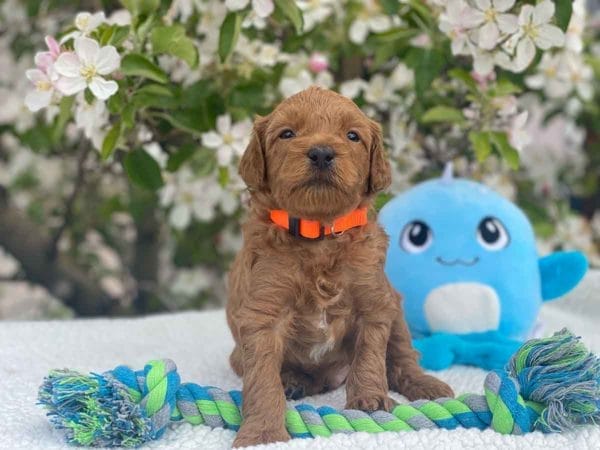 TEACUP GOLDENDOODLE PUPPIES, Precious Doodle Dogs, Teacup Doodle Dogs, Goldendoodle, Doodle Dog, Golden Doodles, Goldendoodle for sale, Goldendoodle puppies for sale, Miniature goldendoodle, goldendoodle puppies, mini goldendoodle, mini puppies, mini goldendoodle size, Mini Doodle Dogs, f1 goldendoodle, golden retriever poodle, chocolate goldendoodle, small doodles, goldendoodle temperament, goldendoodle colors, goldendoodle price, white goldendoodle, f2 goldendoodle, mini goldendoodle price, mini goldendoodle full grown, f1 mini goldendoodle, f1b goldendoodle, parti goldendoodle, goldendoodles near me, english goldendoodle, australian goldendoodle, red goldendoodle, doodle breeds, brown goldendoodle, goldendoodle cost, adult mini goldendoodle, golden noodle dog, doodle dog breeds, miniature golden doodle, miniature puppies, golden retriever poodle mix, A Star is Born, A star is born goldendoodle, a star is born dog, Bradley Cooper's Dog, Bradley Cooper Dog, Bradley Cooper's Goldendoodle, arizona goldendoodles, goldendoodle training, goldendoodle size, how big do mini goldendoodles get, goldendoodle full grown, baby goldendoodle, goldendoodle houston, golden doodles for sale, adult goldendoodle, apricot goldendoodle, goldendoodle grooming, mini golden doodles, goldendoodle shedding, f2b goldendoodle, goldendoodle hypoallergenic, goldendoodle names, english cream goldendoodle, golden retriever and poodle mix, mini goldendoodle puppies, micro goldendoodle, mini goldendoodle puppies for sale, miniature goldendoodle for sale, goldendoodle puppies for adoption, teddy bear goldendoodle, mini goldendoodle rescue, medium goldendoodle, black goldendoodle, mini goldendoodle for sale near me, goldendoodle puppies for sale near me, mini doodle, doodle puppies, mini goldendoodle for sale, goldendoodle breeders near me, miniature goldendoodle for sale near me, toy goldendoodle, petite goldendoodle, golden doodle dog, miniature goldendoodle puppies, mini goldendoodle puppies for sale near me, goldendoodles for sale near me, mini goldedoodle breeders, goldendoodle adoption, f1b mini goldendoodle, small goldendoodle, teacup goldendoodle, goldendoodle puppies near me, goldendoodle breeders, how to groom a goldendoodle, great doodle puppies, golden doodle mix, goldendoodle tampa, goldendoodle facts, white doodle dog, white goldendoodle puppy, mini goldendoodle maryland, country mini doodles, goldendoodle los angeles, toy labradoodle puppies for sale, types of goldendoodles, mini golden retriever puppies, golden goldendoodle, mini golden retriever puppies for sale, miniature australian goldendoodle, goldendoodle sacramento, goldendoodle omaha, labradoodle goldendoodle, f1 medium goldendoodle, BEST goldendoodles, pictures of mini goldendoodles, teacup goldendoodle full grown, micro mini goldendoodle full grown, toy goldendoodle price, goldendoodle chicago, retriever doodle, teacup goldendoodle puppies for sale, cute goldendoodle, mini teddy bear puppies, miniature goldendoodle full grown, f2 mini goldendoodle, goldendoodle spokane, mini goldendoodle chicago, micro mini goldendoodle, how nbig do miniature goldendoodles get, brown mini goldendoodle, mini doodle breeds, poodle doodle dog, what is a mini goldendoodle, black mini goldendoodle, mini irish doodle puppies for sale, f1b goldendoodle size, toy golden doodles, chocolate brown goldendoodle puppies for sale, petite goldendoodle full grown, goldendoodle behavior, american goldendoodle, f1b medium goldendoodle, goldendoodle puppy cost, cute goldendoodle puppies, goldendoodle indianapolis, teddy goldendoodle, mini goldendoodle weight, teddy bear golden doodles, f1b goldendoodle puppies for sale, miniature goldendoodle size, chocolate goldendoodle puppy, english cream mini goldendoodle, doodle puppies near me, red miniature goldendoodle, cream goldendoodle, goldendoodle puppy cut, mini goldendoodle hypoallergenic, dog breed goldendoodle, goldendoodle poodle mixes, goldendoodle allergies, goldendoodle info, sandy ridge goldendoodles, lakeshore goldendoodles, toy goldendoodle puppies for sale, labradoodle and goldendoodle, goldendoodle las vegas, goldendoodle phoenix, doodle breeders near me, miniature goldendoodle weight, black and white goldendoodle, sarasota goldendoodles, mini goldendoodle dallas, a goldendoodle, what is a goldendoodle, goldendoodle dallas, mini golden doodles for sale, ginger doodle puppy, how much does a mini goldendoodle cost, goldendoodle san antonio, goldendoodle photos, goldendoodle cuts, chocolate mini goldendoodle, all about goldendoodles, goldendoodle cincinnati, black doodle dog, goldendoodle weight, miniature goldendoodle breeders, goldendoodle information, miniature goldendoodle puppies for sale, doodle puppies for sale near me, black labradoodle puppies for sale, goldendoodle seattle, golden doodles near me, teacup goldendoodle for sale, golden retriever poodle puppy, goldendoodle rochester ny, goldendoodle and poodle mix, akc goldendoodle, goldendoodle kansas city, mini goldendoodle facts, goldendoodle austin, goldendoodle doodle, goldendoodle tulsa, curly goldendoodle, brown goldendoodle puppies, f1b labradoodle puppies for sale, red mini goldendoodle, goldendoodle poodle, chocolate goldendoodle for sale, tiny goldendoodle, goldendoodle puppies breeders, english goldendoodle puppies for sale, mini golden labradoodle, f1b mini teddy bear goldendoodles, red goldendoodle puppies for sale, miniature golden retriever breeders, f1 goldendoodles for sale, teacup goldendoodle puppies, toy mini goldendoodle, xs petite goldendoodle, f2 goldendoodle puppies for sale, mini goldendoodle cost, black goldendoodle for sale, english teddy bear goldendoodle, small doodle dogs, goldendoodle nashville, english goldendoodle puppies, golden retriever poodle mix for sale, red goldendoodle puppy, parti goldendoodles for sale, english cream goldendoodles for sale, doodle puppies for sale, golden retriever poodle mix puppies, goldendoodle tucson, f1b mini goldendoodle puppies for sale, mini goldendoodle breeders northeast, teddy bear goldendoodle, toy goldendoodle rescue, petite mini goldendoodle, goldendoodle stuff, mini goldendoodles near me, teddy bear goldendoodle puppies, f1 goldendoodle puppies, teddy bear goldendoodles for sale, silver goldendoodle, buy goldendoodle, mini golden doodle dog, teddy bear goldendoodles mini, micro mini goldendoodle puppies for sale, goldendoodle dogs for sale, best goldendoodle breeders, chocolate goldendoodle puppies for sale, doodle dogs for sale, toy goldendoodle puppies, mini doodle dog, toy goldendoodle breeders, doodles for sale, goldendoodle hypoallergenic dog, mini goldendoodle breeders near me, english goldendoodle breeders, f1b mini goldendoodle for sale, teacup goldendoodle price, petite goldendoodle for sale, mini english goldendoodle, mini goldendoodle info, miniature goldendoodle puppies for sale near me, black goldendoodle puppies for sale, f1 goldendoodle puppies for sale, Teacup Goldendoodles AL, Teacup Goldendoodles AK, Teacup Goldendoodles AZ, Teacup Goldendoodles AR, Teacup Goldendoodles CA, Teacup Goldendoodles CO, Teacup Goldendoodles CT, Teacup Goldendoodles DE, Teacup Goldendoodles FL, Teacup Goldendoodles GA, Teacup Goldendoodles HI, Teacup Goldendoodles ID, Teacup Goldendoodles IL, Teacup Goldendoodles IN, Teacup Goldendoodles IA, Teacup Goldendoodles KS, Teacup Goldendoodles KY, Teacup Goldendoodles LA, Teacup Goldendoodles ME, Teacup Goldendoodles MD, Teacup Goldendoodles MA, Teacup Goldendoodles MI, Teacup Goldendoodles MN, Teacup Goldendoodles MS, Teacup Goldendoodles MO, Teacup Goldendoodles MT, Teacup Goldendoodles NE, Teacup Goldendoodles NV, Teacup Goldendoodles NH, Teacup Goldendoodles NJ, Teacup Goldendoodles NM, Teacup Goldendoodles NY, Teacup Goldendoodles NC, Teacup Goldendoodles ND, Teacup Goldendoodles OH, Teacup Goldendoodles OK, Teacup Goldendoodles OR, Teacup Goldendoodles PA, Teacup Goldendoodles RI, Teacup Goldendoodles SC, Teacup Goldendoodles SD, Teacup Goldendoodles TN, Teacup Goldendoodles TX, Teacup Goldendoodles UT, Teacup Goldendoodles VT, Teacup Goldendoodles VA, Teacup Goldendoodles WA, Teacup Goldendoodles WV, Teacup Goldendoodles WI, Teacup Goldendoodles WY, Teacup Golden Doodles AL, Teacup Golden Doodles AK, Teacup Golden Doodles AZ, Teacup Golden Doodles AR, Teacup Golden Doodles CA, Teacup Golden Doodles CO, Teacup Golden Doodles CT, Teacup Golden Doodles DE, Teacup Golden Doodles FL, Teacup Golden Doodles GA, Teacup Golden Doodles HI, Teacup Golden Doodles ID, Teacup Golden Doodles IL, Teacup Golden Doodles IN, Teacup Golden Doodles IA, Teacup Golden Doodles KS, Teacup Golden Doodles KY, Teacup Golden Doodles LA, Teacup Golden Doodles ME, Teacup Golden Doodles MD, Teacup Golden Doodles MA, Teacup Golden Doodles MI, Teacup Golden Doodles MN, Teacup Golden Doodles MS, Teacup Golden Doodles MO, Teacup Golden Doodles MT, Teacup Golden Doodles NE, Teacup Golden Doodles NV, Teacup Golden Doodles NH, Teacup Golden Doodles NJ, Teacup Golden Doodles NM, Teacup Golden Doodles NY, Teacup Golden Doodles NC, Teacup Golden Doodles ND, Teacup Golden Doodles OH, Teacup Golden Doodles OK, Teacup Golden Doodles OR, Teacup Golden Doodles PA, Teacup Golden Doodles RI, Teacup Golden Doodles SC, Teacup Golden Doodles SD, Teacup Golden Doodles TN, Teacup Golden Doodles TX, Teacup Golden Doodles UT, Teacup Golden Doodles VT, Teacup Golden Doodles VA, Teacup Golden Doodles WA, Teacup Golden Doodles WV, Teacup Golden Doodles WI, Teacup Golden Doodles WY, Toy Goldendoodle Alabama, Toy Goldendoodle Alaska, Toy Goldendoodle Arizona, Toy Goldendoodle Arkansas, Toy Goldendoodle California, Toy Goldendoodle Colorado, Toy Goldendoodle Connecticut, Toy Goldendoodle Delaware, Toy Goldendoodle Florida, Toy Goldendoodle Georgia, Toy Goldendoodle Hawaii, Toy Goldendoodle Idaho, Toy Goldendoodle Illinois, Toy Goldendoodle Indiana, Toy Goldendoodle Iowa, Toy Goldendoodle Kansas, Toy Goldendoodle Kentucky, Toy Goldendoodle Louisiana, Toy Goldendoodle Maine, Toy Goldendoodle Maryland, Toy Goldendoodle Massachusetts, Toy Goldendoodle Michigan, Toy Goldendoodle Minnesota, Toy Goldendoodle Mississippi, Toy Goldendoodle Missouri, Toy Goldendoodle Montana, Toy Goldendoodle Nebraska, Toy Goldendoodle Nevada, Toy Goldendoodle New Hampshire, Toy Goldendoodle New Jersey, Toy Goldendoodle New Mexico, Toy Goldendoodle New York, Toy Goldendoodle North Carolina, Toy Goldendoodle North Dakota, Toy Goldendoodle Ohio, Toy Goldendoodle Oklahoma, Toy Goldendoodle Oregon, Toy Goldendoodle Pennsylvania, Toy Goldendoodle Rhode Island, Toy Goldendoodle South Carolina, Toy Goldendoodle South Dakota, Toy Goldendoodle Tennessee, Toy Goldendoodle Texas, Toy Goldendoodle Utah, Toy Goldendoodle Vermont, Toy Goldendoodle Virginia, Toy Goldendoodle Washington, Toy Goldendoodle West Virginia, Toy Goldendoodle Wisconsin, Toy Goldendoodle Wyoming, Teacup Goldendoodle breeders AL, Teacup Goldendoodle breeders AK, Teacup Goldendoodle breeders AZ, Teacup Goldendoodle breeders AR, Teacup Goldendoodle breeders CA, Teacup Goldendoodle breeders CO, Teacup Goldendoodle breeders CT, Teacup Goldendoodle breeders DE, Teacup Goldendoodle breeders FL, Teacup Goldendoodle breeders GA, Teacup Goldendoodle breeders HI, Teacup Goldendoodle breeders ID, Teacup Goldendoodle breeders IL, Teacup Goldendoodle breeders IN, Teacup Goldendoodle breeders IA, Teacup Goldendoodle breeders KS, Teacup Goldendoodle breeders KY, Teacup Goldendoodle breeders LA, Teacup Goldendoodle breeders ME, Teacup Goldendoodle breeders MD, Teacup Goldendoodle breeders MA, Teacup Goldendoodle breeders MI, Teacup Goldendoodle breeders MN, Teacup Goldendoodle breeders MS, Teacup Goldendoodle breeders MO, Teacup Goldendoodle breeders MT, Teacup Goldendoodle breeders NE, Teacup Goldendoodle breeders NV, Teacup Goldendoodle breeders NH, Teacup Goldendoodle breeders NJ, Teacup Goldendoodle breeders NM, Teacup Goldendoodle breeders NY, Teacup Goldendoodle breeders NC, Teacup Goldendoodle breeders ND, Teacup Goldendoodle breeders OH, Teacup Goldendoodle breeders OK, Teacup Goldendoodle breeders OR, Teacup Goldendoodle breeders PA, Teacup Goldendoodle breeders RI, Teacup Goldendoodle breeders SC, Teacup Goldendoodle breeders SD, Teacup Goldendoodle breeders TN, Teacup Goldendoodle breeders TX, Teacup Goldendoodle breeders UT, Teacup Goldendoodle breeders VT, Teacup Goldendoodle breeders VA, Teacup Goldendoodle breeders WA, Teacup Goldendoodle breeders WV, Teacup Goldendoodle breeders WI, Teacup Goldendoodle breeders WY, Teacup Golden doodle puppies for sale in AL, Teacup Golden doodle puppies for sale in AK, Teacup Golden doodle puppies for sale in AZ, Teacup Golden doodle puppies for sale in AR, Teacup Golden doodle puppies for sale in CA, Teacup Golden doodle puppies for sale in CO, Teacup Golden doodle puppies for sale in CT, Teacup Golden doodle puppies for sale in DE, Teacup Golden doodle puppies for sale in FL, Teacup Golden doodle puppies for sale in GA, Teacup Golden doodle puppies for sale in HI, Teacup Golden doodle puppies for sale in ID, Teacup Golden doodle puppies for sale in IL, Teacup Golden doodle puppies for sale in IN, Teacup Golden doodle puppies for sale in IA, Teacup Golden doodle puppies for sale in KS, Teacup Golden doodle puppies for sale in KY, Teacup Golden doodle puppies for sale in LA, Teacup Golden doodle puppies for sale in ME, Teacup Golden doodle puppies for sale in MD, Teacup Golden doodle puppies for sale in MA, Teacup Golden doodle puppies for sale in MI, Teacup Golden doodle puppies for sale in MN, Teacup Golden doodle puppies for sale in MS, Teacup Golden doodle puppies for sale in MO, Teacup Golden doodle puppies for sale in MT, Teacup Golden doodle puppies for sale in NE, Teacup Golden doodle puppies for sale in NV, Teacup Golden doodle puppies for sale in NH, Teacup Golden doodle puppies for sale in NJ, Teacup Golden doodle puppies for sale in NM, Teacup Golden doodle puppies for sale in NY, Teacup Golden doodle puppies for sale in NC, Teacup Golden doodle puppies for sale in ND, Teacup Golden doodle puppies for sale in OH, Teacup Golden doodle puppies for sale in OK, Teacup Golden doodle puppies for sale in OR, Teacup Golden doodle puppies for sale in PA, Teacup Golden doodle puppies for sale in RI, Teacup Golden doodle puppies for sale in SC, Teacup Golden doodle puppies for sale in SD, Teacup Golden doodle puppies for sale in TN, Teacup Golden doodle puppies for sale in TX, Teacup Golden doodle puppies for sale in UT, Teacup Golden doodle puppies for sale in VT, Teacup Golden doodle puppies for sale in VA, Teacup Golden doodle puppies for sale in WA, Teacup Golden doodle puppies for sale in WV, Teacup Golden doodle puppies for sale in WI, Teacup Golden doodle puppies for sale in WY, Teacup Goldendoodles for sale in AL, Teacup Goldendoodles for sale in AK, Teacup Goldendoodles for sale in AZ, Teacup Goldendoodles for sale in AR, Teacup Goldendoodles for sale in CA, Teacup Goldendoodles for sale in CO, Teacup Goldendoodles for sale in CT, Teacup Goldendoodles for sale in DE, Teacup Goldendoodles for sale in FL, Teacup Goldendoodles for sale in GA, Teacup Goldendoodles for sale in HI, Teacup Goldendoodles for sale in ID, Teacup Goldendoodles for sale in IL, Teacup Goldendoodles for sale in IN, Teacup Goldendoodles for sale in IA, Teacup Goldendoodles for sale in KS, Teacup Goldendoodles for sale in KY, Teacup Goldendoodles for sale in LA, Teacup Goldendoodles for sale in ME, Teacup Goldendoodles for sale in MD, Teacup Goldendoodles for sale in MA, Teacup Goldendoodles for sale in MI, Teacup Goldendoodles for sale in MN, Teacup Goldendoodles for sale in MS, Teacup Goldendoodles for sale in MO, Teacup Goldendoodles for sale in MT, Teacup Goldendoodles for sale in NE, Teacup Goldendoodles for sale in NV, Teacup Goldendoodles for sale in NH, Teacup Goldendoodles for sale in NJ, Teacup Goldendoodles for sale in NM, Teacup Goldendoodles for sale in NY, Teacup Goldendoodles for sale in NC, Teacup Goldendoodles for sale in ND, Teacup Goldendoodles for sale in OH, Teacup Goldendoodles for sale in OK, Teacup Goldendoodles for sale in OR, Teacup Goldendoodles for sale in PA, Teacup Goldendoodles for sale in RI, Teacup Goldendoodles for sale in SC, Teacup Goldendoodles for sale in SD, Teacup Goldendoodles for sale in TN, Teacup Goldendoodles for sale in TX, Teacup Goldendoodles for sale in UT, Teacup Goldendoodles for sale in VT, Teacup Goldendoodles for sale in VA, Teacup Goldendoodles for sale in WA, Teacup Goldendoodles for sale in WV, Teacup Goldendoodles for sale in WI, Teacup Goldendoodles for sale in WY, Teacup Goldendoodle Alabama, Teacup Goldendoodle Alaska, Teacup Goldendoodle Arizona, Teacup Goldendoodle Arkansas, Teacup Goldendoodle California, Teacup Goldendoodle Colorado, Teacup Goldendoodle Connecticut, Teacup Goldendoodle Delaware, Teacup Goldendoodle Florida, Teacup Goldendoodle Georgia, Teacup Goldendoodle Hawaii, Teacup Goldendoodle Idaho, Teacup Goldendoodle Illinois, Teacup Goldendoodle Indiana, Teacup Goldendoodle Iowa, Teacup Goldendoodle Kansas, Teacup Goldendoodle Kentucky, Teacup Goldendoodle Louisiana, Teacup Goldendoodle Maine, Teacup Goldendoodle Maryland, Teacup Goldendoodle Massachusetts, Teacup Goldendoodle Michigan, Teacup Goldendoodle Minnesota, Teacup Goldendoodle Mississippi, Teacup Goldendoodle Missouri, Teacup Goldendoodle Montana, Teacup Goldendoodle Nebraska, Teacup Goldendoodle Nevada, Teacup Goldendoodle New Hampshire, Teacup Goldendoodle New Jersey, Teacup Goldendoodle New Mexico, Teacup Goldendoodle New York, Teacup Goldendoodle North Carolina, Teacup Goldendoodle North Dakota, Teacup Goldendoodle Ohio, Teacup Goldendoodle Oklahoma, Teacup Goldendoodle Oregon, Teacup Goldendoodle Pennsylvania, Teacup Goldendoodle Rhode Island, Teacup Goldendoodle South Carolina, Teacup Goldendoodle South Dakota, Teacup Goldendoodle Tennessee, Teacup Goldendoodle Texas, Teacup Goldendoodle Utah, Teacup Goldendoodle Vermont, Teacup Goldendoodle Virginia, Teacup Goldendoodle Washington, Teacup Goldendoodle West Virginia, Teacup Goldendoodle Wisconsin, Teacup Goldendoodle Wyoming, Goldendoodle Breeders AL, Goldendoodle Breeders AK, Goldendoodle Breeders AZ, Goldendoodle Breeders AR, Goldendoodle Breeders CA, Goldendoodle Breeders CO, Goldendoodle Breeders CT, Goldendoodle Breeders DE, Goldendoodle Breeders FL, Goldendoodle Breeders GA, Goldendoodle Breeders HI, Goldendoodle Breeders ID, Goldendoodle Breeders IL, Goldendoodle Breeders IN, Goldendoodle Breeders IA, Goldendoodle Breeders KS, Goldendoodle Breeders KY, Goldendoodle Breeders LA, Goldendoodle Breeders ME, Goldendoodle Breeders MD, Goldendoodle Breeders MA, Goldendoodle Breeders MI, Goldendoodle Breeders MN, Goldendoodle Breeders MS, Goldendoodle Breeders MO, Goldendoodle Breeders MT, Goldendoodle Breeders NE, Goldendoodle Breeders NV, Goldendoodle Breeders NH, Goldendoodle Breeders NJ, Goldendoodle Breeders NM, Goldendoodle Breeders NY, Goldendoodle Breeders NC, Goldendoodle Breeders ND, Goldendoodle Breeders OH, Goldendoodle Breeders OK, Goldendoodle Breeders OR, Goldendoodle Breeders PA, Goldendoodle Breeders RI, Goldendoodle Breeders SC, Goldendoodle Breeders SD, Goldendoodle Breeders TN, Goldendoodle Breeders TX, Goldendoodle Breeders UT, Goldendoodle Breeders VT, Goldendoodle Breeders VA, Goldendoodle Breeders WA, Goldendoodle Breeders WV, Goldendoodle Breeders WI, Goldendoodle Breeders WY, Teacup Golden doodles for sale in AL, Teacup Golden doodles for sale in AK, Teacup Golden doodles for sale in AZ, Teacup Golden doodles for sale in AR, Teacup Golden doodles for sale in CA, Teacup Golden doodles for sale in CO, Teacup Golden doodles for sale in CT, Teacup Golden doodles for sale in DE, Teacup Golden doodles for sale in FL, Teacup Golden doodles for sale in GA, Teacup Golden doodles for sale in HI, Teacup Golden doodles for sale in ID, Teacup Golden doodles for sale in IL, Teacup Golden doodles for sale in IN, Teacup Golden doodles for sale in IA, Teacup Golden doodles for sale in KS, Teacup Golden doodles for sale in KY, Teacup Golden doodles for sale in LA, Teacup Golden doodles for sale in ME, Teacup Golden doodles for sale in MD, Teacup Golden doodles for sale in MA, Teacup Golden doodles for sale in MI, Teacup Golden doodles for sale in MN, Teacup Golden doodles for sale in MS, Teacup Golden doodles for sale in MO, Teacup Golden doodles for sale in MT, Teacup Golden doodles for sale in NE, Teacup Golden doodles for sale in NV, Teacup Golden doodles for sale in NH, Teacup Golden doodles for sale in NJ, Teacup Golden doodles for sale in NM, Teacup Golden doodles for sale in NY, Teacup Golden doodles for sale in NC, Teacup Golden doodles for sale in ND, Teacup Golden doodles for sale in OH, Teacup Golden doodles for sale in OK, Teacup Golden doodles for sale in OR, Teacup Golden doodles for sale in PA, Teacup Golden doodles for sale in RI, Teacup Golden doodles for sale in SC, Teacup Golden doodles for sale in SD, Teacup Golden doodles for sale in TN, Teacup Golden doodles for sale in TX, Teacup Golden doodles for sale in UT, Teacup Golden doodles for sale in VT, Teacup Golden doodles for sale in VA, Teacup Golden doodles for sale in WA, Teacup Golden doodles for sale in WV, Teacup Golden doodles for sale in WI, Teacup Golden doodles for sale in WY,