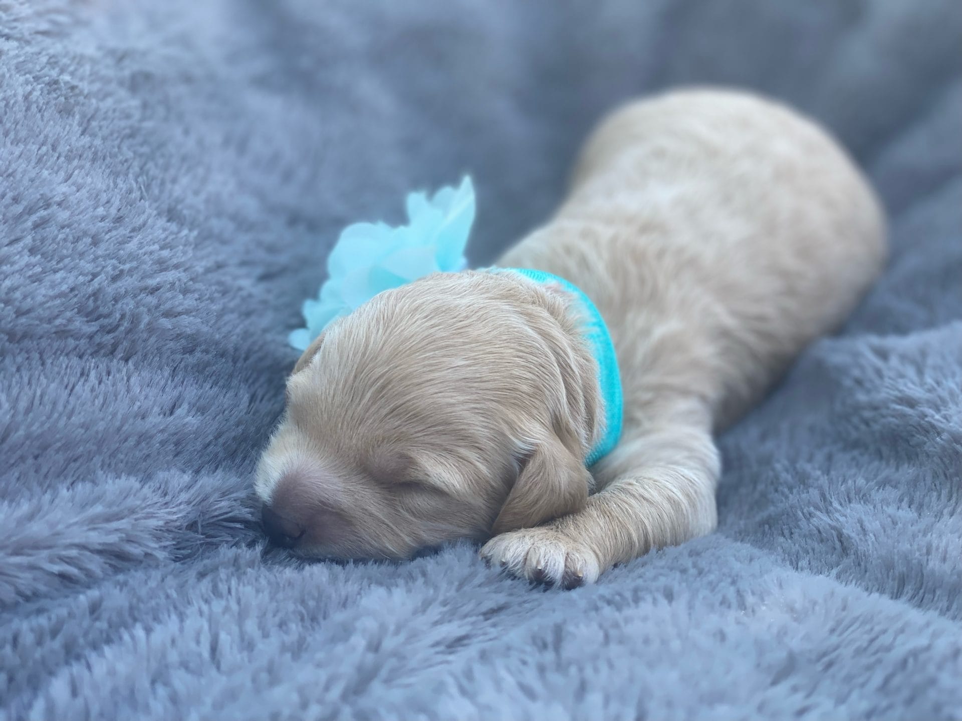 Moana - Teacup Goldendoodle Girl - Image 2
