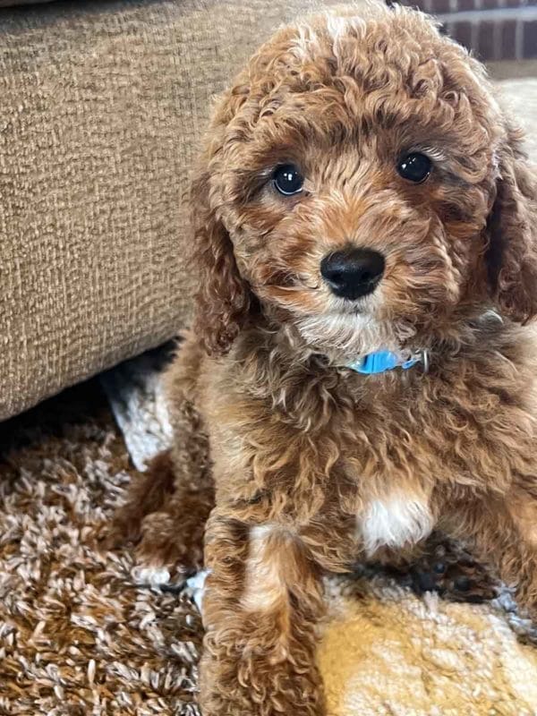 Cord - Toy Cavapoo Boy - Image 9