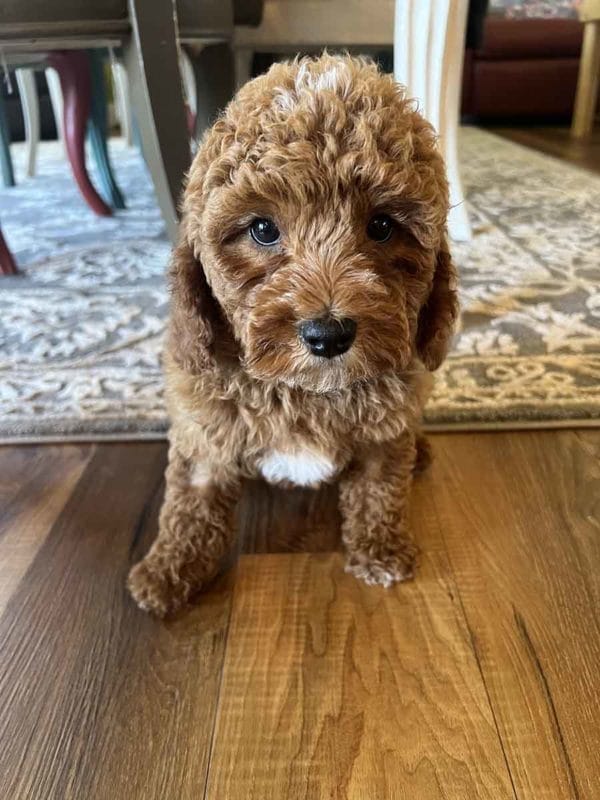 Cord - Toy Cavapoo Boy - Image 11