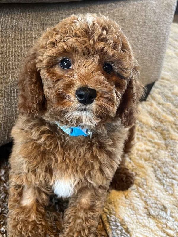 Cord - Toy Cavapoo Boy - Image 10