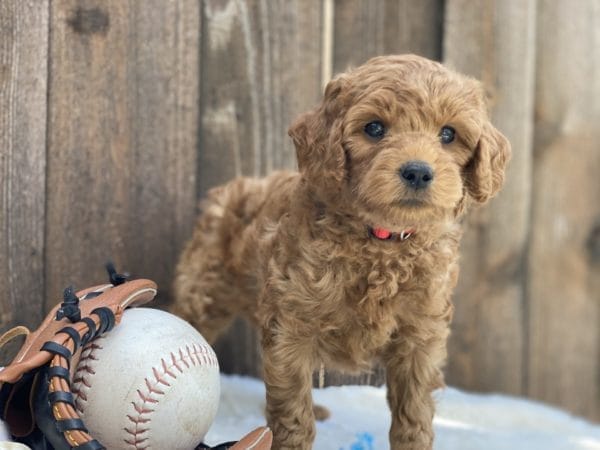 Mario - Micro Goldendoodle Boy - Image 15