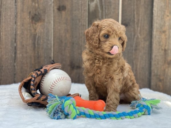 Mario - Micro Goldendoodle Boy - Image 20