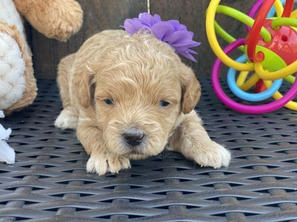 Belle - Teacup Goldendoodle Girl - Image 8