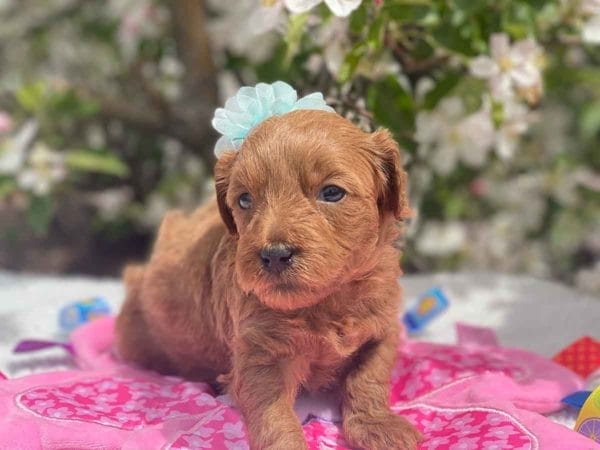 TEACUP GOLDENDOODLE PUPPIES, Precious Doodle Dogs, Teacup Doodle Dogs, Goldendoodle, Doodle Dog, Golden Doodles, Goldendoodle for sale, Goldendoodle puppies for sale, Miniature goldendoodle, goldendoodle puppies, mini goldendoodle, mini puppies, mini goldendoodle size, Mini Doodle Dogs, f1 goldendoodle, golden retriever poodle, chocolate goldendoodle, small doodles, goldendoodle temperament, goldendoodle colors, goldendoodle price, white goldendoodle, f2 goldendoodle, mini goldendoodle price, mini goldendoodle full grown, f1 mini goldendoodle, f1b goldendoodle, parti goldendoodle, goldendoodles near me, english goldendoodle, australian goldendoodle, red goldendoodle, doodle breeds, brown goldendoodle, goldendoodle cost, adult mini goldendoodle, golden noodle dog, doodle dog breeds, miniature golden doodle, miniature puppies, golden retriever poodle mix, A Star is Born, A star is born goldendoodle, a star is born dog, Bradley Cooper's Dog, Bradley Cooper Dog, Bradley Cooper's Goldendoodle, arizona goldendoodles, goldendoodle training, goldendoodle size, how big do mini goldendoodles get, goldendoodle full grown, baby goldendoodle, goldendoodle houston, golden doodles for sale, adult goldendoodle, apricot goldendoodle, goldendoodle grooming, mini golden doodles, goldendoodle shedding, f2b goldendoodle, goldendoodle hypoallergenic, goldendoodle names, english cream goldendoodle, golden retriever and poodle mix, mini goldendoodle puppies, micro goldendoodle, mini goldendoodle puppies for sale, miniature goldendoodle for sale, goldendoodle puppies for adoption, teddy bear goldendoodle, mini goldendoodle rescue, medium goldendoodle, black goldendoodle, mini goldendoodle for sale near me, goldendoodle puppies for sale near me, mini doodle, doodle puppies, mini goldendoodle for sale, goldendoodle breeders near me, miniature goldendoodle for sale near me, toy goldendoodle, petite goldendoodle, golden doodle dog, miniature goldendoodle puppies, mini goldendoodle puppies for sale near me, goldendoodles for sale near me, mini goldedoodle breeders, goldendoodle adoption, f1b mini goldendoodle, small goldendoodle, teacup goldendoodle, goldendoodle puppies near me, goldendoodle breeders, how to groom a goldendoodle, great doodle puppies, golden doodle mix, goldendoodle tampa, goldendoodle facts, white doodle dog, white goldendoodle puppy, mini goldendoodle maryland, country mini doodles, goldendoodle los angeles, toy labradoodle puppies for sale, types of goldendoodles, mini golden retriever puppies, golden goldendoodle, mini golden retriever puppies for sale, miniature australian goldendoodle, goldendoodle sacramento, goldendoodle omaha, labradoodle goldendoodle, f1 medium goldendoodle, BEST goldendoodles, pictures of mini goldendoodles, teacup goldendoodle full grown, micro mini goldendoodle full grown, toy goldendoodle price, goldendoodle chicago, retriever doodle, teacup goldendoodle puppies for sale, cute goldendoodle, mini teddy bear puppies, miniature goldendoodle full grown, f2 mini goldendoodle, goldendoodle spokane, mini goldendoodle chicago, micro mini goldendoodle, how nbig do miniature goldendoodles get, brown mini goldendoodle, mini doodle breeds, poodle doodle dog, what is a mini goldendoodle, black mini goldendoodle, mini irish doodle puppies for sale, f1b goldendoodle size, toy golden doodles, chocolate brown goldendoodle puppies for sale, petite goldendoodle full grown, goldendoodle behavior, american goldendoodle, f1b medium goldendoodle, goldendoodle puppy cost, cute goldendoodle puppies, goldendoodle indianapolis, teddy goldendoodle, mini goldendoodle weight, teddy bear golden doodles, f1b goldendoodle puppies for sale, miniature goldendoodle size, chocolate goldendoodle puppy, english cream mini goldendoodle, doodle puppies near me, red miniature goldendoodle, cream goldendoodle, goldendoodle puppy cut, mini goldendoodle hypoallergenic, dog breed goldendoodle, goldendoodle poodle mixes, goldendoodle allergies, goldendoodle info, sandy ridge goldendoodles, lakeshore goldendoodles, toy goldendoodle puppies for sale, labradoodle and goldendoodle, goldendoodle las vegas, goldendoodle phoenix, doodle breeders near me, miniature goldendoodle weight, black and white goldendoodle, sarasota goldendoodles, mini goldendoodle dallas, a goldendoodle, what is a goldendoodle, goldendoodle dallas, mini golden doodles for sale, ginger doodle puppy, how much does a mini goldendoodle cost, goldendoodle san antonio, goldendoodle photos, goldendoodle cuts, chocolate mini goldendoodle, all about goldendoodles, goldendoodle cincinnati, black doodle dog, goldendoodle weight, miniature goldendoodle breeders, goldendoodle information, miniature goldendoodle puppies for sale, doodle puppies for sale near me, black labradoodle puppies for sale, goldendoodle seattle, golden doodles near me, teacup goldendoodle for sale, golden retriever poodle puppy, goldendoodle rochester ny, goldendoodle and poodle mix, akc goldendoodle, goldendoodle kansas city, mini goldendoodle facts, goldendoodle austin, goldendoodle doodle, goldendoodle tulsa, curly goldendoodle, brown goldendoodle puppies, f1b labradoodle puppies for sale, red mini goldendoodle, goldendoodle poodle, chocolate goldendoodle for sale, tiny goldendoodle, goldendoodle puppies breeders, english goldendoodle puppies for sale, mini golden labradoodle, f1b mini teddy bear goldendoodles, red goldendoodle puppies for sale, miniature golden retriever breeders, f1 goldendoodles for sale, teacup goldendoodle puppies, toy mini goldendoodle, xs petite goldendoodle, f2 goldendoodle puppies for sale, mini goldendoodle cost, black goldendoodle for sale, english teddy bear goldendoodle, small doodle dogs, goldendoodle nashville, english goldendoodle puppies, golden retriever poodle mix for sale, red goldendoodle puppy, parti goldendoodles for sale, english cream goldendoodles for sale, doodle puppies for sale, golden retriever poodle mix puppies, goldendoodle tucson, f1b mini goldendoodle puppies for sale, mini goldendoodle breeders northeast, teddy bear goldendoodle, toy goldendoodle rescue, petite mini goldendoodle, goldendoodle stuff, mini goldendoodles near me, teddy bear goldendoodle puppies, f1 goldendoodle puppies, teddy bear goldendoodles for sale, silver goldendoodle, buy goldendoodle, mini golden doodle dog, teddy bear goldendoodles mini, micro mini goldendoodle puppies for sale, goldendoodle dogs for sale, best goldendoodle breeders, chocolate goldendoodle puppies for sale, doodle dogs for sale, toy goldendoodle puppies, mini doodle dog, toy goldendoodle breeders, doodles for sale, goldendoodle hypoallergenic dog, mini goldendoodle breeders near me, english goldendoodle breeders, f1b mini goldendoodle for sale, teacup goldendoodle price, petite goldendoodle for sale, mini english goldendoodle, mini goldendoodle info, miniature goldendoodle puppies for sale near me, black goldendoodle puppies for sale, f1 goldendoodle puppies for sale, Teacup Goldendoodles AL, Teacup Goldendoodles AK, Teacup Goldendoodles AZ, Teacup Goldendoodles AR, Teacup Goldendoodles CA, Teacup Goldendoodles CO, Teacup Goldendoodles CT, Teacup Goldendoodles DE, Teacup Goldendoodles FL, Teacup Goldendoodles GA, Teacup Goldendoodles HI, Teacup Goldendoodles ID, Teacup Goldendoodles IL, Teacup Goldendoodles IN, Teacup Goldendoodles IA, Teacup Goldendoodles KS, Teacup Goldendoodles KY, Teacup Goldendoodles LA, Teacup Goldendoodles ME, Teacup Goldendoodles MD, Teacup Goldendoodles MA, Teacup Goldendoodles MI, Teacup Goldendoodles MN, Teacup Goldendoodles MS, Teacup Goldendoodles MO, Teacup Goldendoodles MT, Teacup Goldendoodles NE, Teacup Goldendoodles NV, Teacup Goldendoodles NH, Teacup Goldendoodles NJ, Teacup Goldendoodles NM, Teacup Goldendoodles NY, Teacup Goldendoodles NC, Teacup Goldendoodles ND, Teacup Goldendoodles OH, Teacup Goldendoodles OK, Teacup Goldendoodles OR, Teacup Goldendoodles PA, Teacup Goldendoodles RI, Teacup Goldendoodles SC, Teacup Goldendoodles SD, Teacup Goldendoodles TN, Teacup Goldendoodles TX, Teacup Goldendoodles UT, Teacup Goldendoodles VT, Teacup Goldendoodles VA, Teacup Goldendoodles WA, Teacup Goldendoodles WV, Teacup Goldendoodles WI, Teacup Goldendoodles WY, Teacup Golden Doodles AL, Teacup Golden Doodles AK, Teacup Golden Doodles AZ, Teacup Golden Doodles AR, Teacup Golden Doodles CA, Teacup Golden Doodles CO, Teacup Golden Doodles CT, Teacup Golden Doodles DE, Teacup Golden Doodles FL, Teacup Golden Doodles GA, Teacup Golden Doodles HI, Teacup Golden Doodles ID, Teacup Golden Doodles IL, Teacup Golden Doodles IN, Teacup Golden Doodles IA, Teacup Golden Doodles KS, Teacup Golden Doodles KY, Teacup Golden Doodles LA, Teacup Golden Doodles ME, Teacup Golden Doodles MD, Teacup Golden Doodles MA, Teacup Golden Doodles MI, Teacup Golden Doodles MN, Teacup Golden Doodles MS, Teacup Golden Doodles MO, Teacup Golden Doodles MT, Teacup Golden Doodles NE, Teacup Golden Doodles NV, Teacup Golden Doodles NH, Teacup Golden Doodles NJ, Teacup Golden Doodles NM, Teacup Golden Doodles NY, Teacup Golden Doodles NC, Teacup Golden Doodles ND, Teacup Golden Doodles OH, Teacup Golden Doodles OK, Teacup Golden Doodles OR, Teacup Golden Doodles PA, Teacup Golden Doodles RI, Teacup Golden Doodles SC, Teacup Golden Doodles SD, Teacup Golden Doodles TN, Teacup Golden Doodles TX, Teacup Golden Doodles UT, Teacup Golden Doodles VT, Teacup Golden Doodles VA, Teacup Golden Doodles WA, Teacup Golden Doodles WV, Teacup Golden Doodles WI, Teacup Golden Doodles WY, Toy Goldendoodle Alabama, Toy Goldendoodle Alaska, Toy Goldendoodle Arizona, Toy Goldendoodle Arkansas, Toy Goldendoodle California, Toy Goldendoodle Colorado, Toy Goldendoodle Connecticut, Toy Goldendoodle Delaware, Toy Goldendoodle Florida, Toy Goldendoodle Georgia, Toy Goldendoodle Hawaii, Toy Goldendoodle Idaho, Toy Goldendoodle Illinois, Toy Goldendoodle Indiana, Toy Goldendoodle Iowa, Toy Goldendoodle Kansas, Toy Goldendoodle Kentucky, Toy Goldendoodle Louisiana, Toy Goldendoodle Maine, Toy Goldendoodle Maryland, Toy Goldendoodle Massachusetts, Toy Goldendoodle Michigan, Toy Goldendoodle Minnesota, Toy Goldendoodle Mississippi, Toy Goldendoodle Missouri, Toy Goldendoodle Montana, Toy Goldendoodle Nebraska, Toy Goldendoodle Nevada, Toy Goldendoodle New Hampshire, Toy Goldendoodle New Jersey, Toy Goldendoodle New Mexico, Toy Goldendoodle New York, Toy Goldendoodle North Carolina, Toy Goldendoodle North Dakota, Toy Goldendoodle Ohio, Toy Goldendoodle Oklahoma, Toy Goldendoodle Oregon, Toy Goldendoodle Pennsylvania, Toy Goldendoodle Rhode Island, Toy Goldendoodle South Carolina, Toy Goldendoodle South Dakota, Toy Goldendoodle Tennessee, Toy Goldendoodle Texas, Toy Goldendoodle Utah, Toy Goldendoodle Vermont, Toy Goldendoodle Virginia, Toy Goldendoodle Washington, Toy Goldendoodle West Virginia, Toy Goldendoodle Wisconsin, Toy Goldendoodle Wyoming, Teacup Goldendoodle breeders AL, Teacup Goldendoodle breeders AK, Teacup Goldendoodle breeders AZ, Teacup Goldendoodle breeders AR, Teacup Goldendoodle breeders CA, Teacup Goldendoodle breeders CO, Teacup Goldendoodle breeders CT, Teacup Goldendoodle breeders DE, Teacup Goldendoodle breeders FL, Teacup Goldendoodle breeders GA, Teacup Goldendoodle breeders HI, Teacup Goldendoodle breeders ID, Teacup Goldendoodle breeders IL, Teacup Goldendoodle breeders IN, Teacup Goldendoodle breeders IA, Teacup Goldendoodle breeders KS, Teacup Goldendoodle breeders KY, Teacup Goldendoodle breeders LA, Teacup Goldendoodle breeders ME, Teacup Goldendoodle breeders MD, Teacup Goldendoodle breeders MA, Teacup Goldendoodle breeders MI, Teacup Goldendoodle breeders MN, Teacup Goldendoodle breeders MS, Teacup Goldendoodle breeders MO, Teacup Goldendoodle breeders MT, Teacup Goldendoodle breeders NE, Teacup Goldendoodle breeders NV, Teacup Goldendoodle breeders NH, Teacup Goldendoodle breeders NJ, Teacup Goldendoodle breeders NM, Teacup Goldendoodle breeders NY, Teacup Goldendoodle breeders NC, Teacup Goldendoodle breeders ND, Teacup Goldendoodle breeders OH, Teacup Goldendoodle breeders OK, Teacup Goldendoodle breeders OR, Teacup Goldendoodle breeders PA, Teacup Goldendoodle breeders RI, Teacup Goldendoodle breeders SC, Teacup Goldendoodle breeders SD, Teacup Goldendoodle breeders TN, Teacup Goldendoodle breeders TX, Teacup Goldendoodle breeders UT, Teacup Goldendoodle breeders VT, Teacup Goldendoodle breeders VA, Teacup Goldendoodle breeders WA, Teacup Goldendoodle breeders WV, Teacup Goldendoodle breeders WI, Teacup Goldendoodle breeders WY, Teacup Golden doodle puppies for sale in AL, Teacup Golden doodle puppies for sale in AK, Teacup Golden doodle puppies for sale in AZ, Teacup Golden doodle puppies for sale in AR, Teacup Golden doodle puppies for sale in CA, Teacup Golden doodle puppies for sale in CO, Teacup Golden doodle puppies for sale in CT, Teacup Golden doodle puppies for sale in DE, Teacup Golden doodle puppies for sale in FL, Teacup Golden doodle puppies for sale in GA, Teacup Golden doodle puppies for sale in HI, Teacup Golden doodle puppies for sale in ID, Teacup Golden doodle puppies for sale in IL, Teacup Golden doodle puppies for sale in IN, Teacup Golden doodle puppies for sale in IA, Teacup Golden doodle puppies for sale in KS, Teacup Golden doodle puppies for sale in KY, Teacup Golden doodle puppies for sale in LA, Teacup Golden doodle puppies for sale in ME, Teacup Golden doodle puppies for sale in MD, Teacup Golden doodle puppies for sale in MA, Teacup Golden doodle puppies for sale in MI, Teacup Golden doodle puppies for sale in MN, Teacup Golden doodle puppies for sale in MS, Teacup Golden doodle puppies for sale in MO, Teacup Golden doodle puppies for sale in MT, Teacup Golden doodle puppies for sale in NE, Teacup Golden doodle puppies for sale in NV, Teacup Golden doodle puppies for sale in NH, Teacup Golden doodle puppies for sale in NJ, Teacup Golden doodle puppies for sale in NM, Teacup Golden doodle puppies for sale in NY, Teacup Golden doodle puppies for sale in NC, Teacup Golden doodle puppies for sale in ND, Teacup Golden doodle puppies for sale in OH, Teacup Golden doodle puppies for sale in OK, Teacup Golden doodle puppies for sale in OR, Teacup Golden doodle puppies for sale in PA, Teacup Golden doodle puppies for sale in RI, Teacup Golden doodle puppies for sale in SC, Teacup Golden doodle puppies for sale in SD, Teacup Golden doodle puppies for sale in TN, Teacup Golden doodle puppies for sale in TX, Teacup Golden doodle puppies for sale in UT, Teacup Golden doodle puppies for sale in VT, Teacup Golden doodle puppies for sale in VA, Teacup Golden doodle puppies for sale in WA, Teacup Golden doodle puppies for sale in WV, Teacup Golden doodle puppies for sale in WI, Teacup Golden doodle puppies for sale in WY, Teacup Goldendoodles for sale in AL, Teacup Goldendoodles for sale in AK, Teacup Goldendoodles for sale in AZ, Teacup Goldendoodles for sale in AR, Teacup Goldendoodles for sale in CA, Teacup Goldendoodles for sale in CO, Teacup Goldendoodles for sale in CT, Teacup Goldendoodles for sale in DE, Teacup Goldendoodles for sale in FL, Teacup Goldendoodles for sale in GA, Teacup Goldendoodles for sale in HI, Teacup Goldendoodles for sale in ID, Teacup Goldendoodles for sale in IL, Teacup Goldendoodles for sale in IN, Teacup Goldendoodles for sale in IA, Teacup Goldendoodles for sale in KS, Teacup Goldendoodles for sale in KY, Teacup Goldendoodles for sale in LA, Teacup Goldendoodles for sale in ME, Teacup Goldendoodles for sale in MD, Teacup Goldendoodles for sale in MA, Teacup Goldendoodles for sale in MI, Teacup Goldendoodles for sale in MN, Teacup Goldendoodles for sale in MS, Teacup Goldendoodles for sale in MO, Teacup Goldendoodles for sale in MT, Teacup Goldendoodles for sale in NE, Teacup Goldendoodles for sale in NV, Teacup Goldendoodles for sale in NH, Teacup Goldendoodles for sale in NJ, Teacup Goldendoodles for sale in NM, Teacup Goldendoodles for sale in NY, Teacup Goldendoodles for sale in NC, Teacup Goldendoodles for sale in ND, Teacup Goldendoodles for sale in OH, Teacup Goldendoodles for sale in OK, Teacup Goldendoodles for sale in OR, Teacup Goldendoodles for sale in PA, Teacup Goldendoodles for sale in RI, Teacup Goldendoodles for sale in SC, Teacup Goldendoodles for sale in SD, Teacup Goldendoodles for sale in TN, Teacup Goldendoodles for sale in TX, Teacup Goldendoodles for sale in UT, Teacup Goldendoodles for sale in VT, Teacup Goldendoodles for sale in VA, Teacup Goldendoodles for sale in WA, Teacup Goldendoodles for sale in WV, Teacup Goldendoodles for sale in WI, Teacup Goldendoodles for sale in WY, Teacup Goldendoodle Alabama, Teacup Goldendoodle Alaska, Teacup Goldendoodle Arizona, Teacup Goldendoodle Arkansas, Teacup Goldendoodle California, Teacup Goldendoodle Colorado, Teacup Goldendoodle Connecticut, Teacup Goldendoodle Delaware, Teacup Goldendoodle Florida, Teacup Goldendoodle Georgia, Teacup Goldendoodle Hawaii, Teacup Goldendoodle Idaho, Teacup Goldendoodle Illinois, Teacup Goldendoodle Indiana, Teacup Goldendoodle Iowa, Teacup Goldendoodle Kansas, Teacup Goldendoodle Kentucky, Teacup Goldendoodle Louisiana, Teacup Goldendoodle Maine, Teacup Goldendoodle Maryland, Teacup Goldendoodle Massachusetts, Teacup Goldendoodle Michigan, Teacup Goldendoodle Minnesota, Teacup Goldendoodle Mississippi, Teacup Goldendoodle Missouri, Teacup Goldendoodle Montana, Teacup Goldendoodle Nebraska, Teacup Goldendoodle Nevada, Teacup Goldendoodle New Hampshire, Teacup Goldendoodle New Jersey, Teacup Goldendoodle New Mexico, Teacup Goldendoodle New York, Teacup Goldendoodle North Carolina, Teacup Goldendoodle North Dakota, Teacup Goldendoodle Ohio, Teacup Goldendoodle Oklahoma, Teacup Goldendoodle Oregon, Teacup Goldendoodle Pennsylvania, Teacup Goldendoodle Rhode Island, Teacup Goldendoodle South Carolina, Teacup Goldendoodle South Dakota, Teacup Goldendoodle Tennessee, Teacup Goldendoodle Texas, Teacup Goldendoodle Utah, Teacup Goldendoodle Vermont, Teacup Goldendoodle Virginia, Teacup Goldendoodle Washington, Teacup Goldendoodle West Virginia, Teacup Goldendoodle Wisconsin, Teacup Goldendoodle Wyoming, Goldendoodle Breeders AL, Goldendoodle Breeders AK, Goldendoodle Breeders AZ, Goldendoodle Breeders AR, Goldendoodle Breeders CA, Goldendoodle Breeders CO, Goldendoodle Breeders CT, Goldendoodle Breeders DE, Goldendoodle Breeders FL, Goldendoodle Breeders GA, Goldendoodle Breeders HI, Goldendoodle Breeders ID, Goldendoodle Breeders IL, Goldendoodle Breeders IN, Goldendoodle Breeders IA, Goldendoodle Breeders KS, Goldendoodle Breeders KY, Goldendoodle Breeders LA, Goldendoodle Breeders ME, Goldendoodle Breeders MD, Goldendoodle Breeders MA, Goldendoodle Breeders MI, Goldendoodle Breeders MN, Goldendoodle Breeders MS, Goldendoodle Breeders MO, Goldendoodle Breeders MT, Goldendoodle Breeders NE, Goldendoodle Breeders NV, Goldendoodle Breeders NH, Goldendoodle Breeders NJ, Goldendoodle Breeders NM, Goldendoodle Breeders NY, Goldendoodle Breeders NC, Goldendoodle Breeders ND, Goldendoodle Breeders OH, Goldendoodle Breeders OK, Goldendoodle Breeders OR, Goldendoodle Breeders PA, Goldendoodle Breeders RI, Goldendoodle Breeders SC, Goldendoodle Breeders SD, Goldendoodle Breeders TN, Goldendoodle Breeders TX, Goldendoodle Breeders UT, Goldendoodle Breeders VT, Goldendoodle Breeders VA, Goldendoodle Breeders WA, Goldendoodle Breeders WV, Goldendoodle Breeders WI, Goldendoodle Breeders WY, Teacup Golden doodles for sale in AL, Teacup Golden doodles for sale in AK, Teacup Golden doodles for sale in AZ, Teacup Golden doodles for sale in AR, Teacup Golden doodles for sale in CA, Teacup Golden doodles for sale in CO, Teacup Golden doodles for sale in CT, Teacup Golden doodles for sale in DE, Teacup Golden doodles for sale in FL, Teacup Golden doodles for sale in GA, Teacup Golden doodles for sale in HI, Teacup Golden doodles for sale in ID, Teacup Golden doodles for sale in IL, Teacup Golden doodles for sale in IN, Teacup Golden doodles for sale in IA, Teacup Golden doodles for sale in KS, Teacup Golden doodles for sale in KY, Teacup Golden doodles for sale in LA, Teacup Golden doodles for sale in ME, Teacup Golden doodles for sale in MD, Teacup Golden doodles for sale in MA, Teacup Golden doodles for sale in MI, Teacup Golden doodles for sale in MN, Teacup Golden doodles for sale in MS, Teacup Golden doodles for sale in MO, Teacup Golden doodles for sale in MT, Teacup Golden doodles for sale in NE, Teacup Golden doodles for sale in NV, Teacup Golden doodles for sale in NH, Teacup Golden doodles for sale in NJ, Teacup Golden doodles for sale in NM, Teacup Golden doodles for sale in NY, Teacup Golden doodles for sale in NC, Teacup Golden doodles for sale in ND, Teacup Golden doodles for sale in OH, Teacup Golden doodles for sale in OK, Teacup Golden doodles for sale in OR, Teacup Golden doodles for sale in PA, Teacup Golden doodles for sale in RI, Teacup Golden doodles for sale in SC, Teacup Golden doodles for sale in SD, Teacup Golden doodles for sale in TN, Teacup Golden doodles for sale in TX, Teacup Golden doodles for sale in UT, Teacup Golden doodles for sale in VT, Teacup Golden doodles for sale in VA, Teacup Golden doodles for sale in WA, Teacup Golden doodles for sale in WV, Teacup Golden doodles for sale in WI, Teacup Golden doodles for sale in WY,