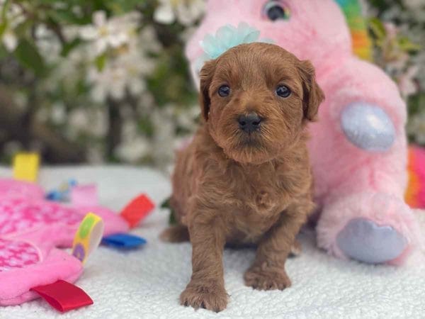 TEACUP GOLDENDOODLE PUPPIES, Precious Doodle Dogs, Teacup Doodle Dogs, Goldendoodle, Doodle Dog, Golden Doodles, Goldendoodle for sale, Goldendoodle puppies for sale, Miniature goldendoodle, goldendoodle puppies, mini goldendoodle, mini puppies, mini goldendoodle size, Mini Doodle Dogs, f1 goldendoodle, golden retriever poodle, chocolate goldendoodle, small doodles, goldendoodle temperament, goldendoodle colors, goldendoodle price, white goldendoodle, f2 goldendoodle, mini goldendoodle price, mini goldendoodle full grown, f1 mini goldendoodle, f1b goldendoodle, parti goldendoodle, goldendoodles near me, english goldendoodle, australian goldendoodle, red goldendoodle, doodle breeds, brown goldendoodle, goldendoodle cost, adult mini goldendoodle, golden noodle dog, doodle dog breeds, miniature golden doodle, miniature puppies, golden retriever poodle mix, A Star is Born, A star is born goldendoodle, a star is born dog, Bradley Cooper's Dog, Bradley Cooper Dog, Bradley Cooper's Goldendoodle, arizona goldendoodles, goldendoodle training, goldendoodle size, how big do mini goldendoodles get, goldendoodle full grown, baby goldendoodle, goldendoodle houston, golden doodles for sale, adult goldendoodle, apricot goldendoodle, goldendoodle grooming, mini golden doodles, goldendoodle shedding, f2b goldendoodle, goldendoodle hypoallergenic, goldendoodle names, english cream goldendoodle, golden retriever and poodle mix, mini goldendoodle puppies, micro goldendoodle, mini goldendoodle puppies for sale, miniature goldendoodle for sale, goldendoodle puppies for adoption, teddy bear goldendoodle, mini goldendoodle rescue, medium goldendoodle, black goldendoodle, mini goldendoodle for sale near me, goldendoodle puppies for sale near me, mini doodle, doodle puppies, mini goldendoodle for sale, goldendoodle breeders near me, miniature goldendoodle for sale near me, toy goldendoodle, petite goldendoodle, golden doodle dog, miniature goldendoodle puppies, mini goldendoodle puppies for sale near me, goldendoodles for sale near me, mini goldedoodle breeders, goldendoodle adoption, f1b mini goldendoodle, small goldendoodle, teacup goldendoodle, goldendoodle puppies near me, goldendoodle breeders, how to groom a goldendoodle, great doodle puppies, golden doodle mix, goldendoodle tampa, goldendoodle facts, white doodle dog, white goldendoodle puppy, mini goldendoodle maryland, country mini doodles, goldendoodle los angeles, toy labradoodle puppies for sale, types of goldendoodles, mini golden retriever puppies, golden goldendoodle, mini golden retriever puppies for sale, miniature australian goldendoodle, goldendoodle sacramento, goldendoodle omaha, labradoodle goldendoodle, f1 medium goldendoodle, BEST goldendoodles, pictures of mini goldendoodles, teacup goldendoodle full grown, micro mini goldendoodle full grown, toy goldendoodle price, goldendoodle chicago, retriever doodle, teacup goldendoodle puppies for sale, cute goldendoodle, mini teddy bear puppies, miniature goldendoodle full grown, f2 mini goldendoodle, goldendoodle spokane, mini goldendoodle chicago, micro mini goldendoodle, how nbig do miniature goldendoodles get, brown mini goldendoodle, mini doodle breeds, poodle doodle dog, what is a mini goldendoodle, black mini goldendoodle, mini irish doodle puppies for sale, f1b goldendoodle size, toy golden doodles, chocolate brown goldendoodle puppies for sale, petite goldendoodle full grown, goldendoodle behavior, american goldendoodle, f1b medium goldendoodle, goldendoodle puppy cost, cute goldendoodle puppies, goldendoodle indianapolis, teddy goldendoodle, mini goldendoodle weight, teddy bear golden doodles, f1b goldendoodle puppies for sale, miniature goldendoodle size, chocolate goldendoodle puppy, english cream mini goldendoodle, doodle puppies near me, red miniature goldendoodle, cream goldendoodle, goldendoodle puppy cut, mini goldendoodle hypoallergenic, dog breed goldendoodle, goldendoodle poodle mixes, goldendoodle allergies, goldendoodle info, sandy ridge goldendoodles, lakeshore goldendoodles, toy goldendoodle puppies for sale, labradoodle and goldendoodle, goldendoodle las vegas, goldendoodle phoenix, doodle breeders near me, miniature goldendoodle weight, black and white goldendoodle, sarasota goldendoodles, mini goldendoodle dallas, a goldendoodle, what is a goldendoodle, goldendoodle dallas, mini golden doodles for sale, ginger doodle puppy, how much does a mini goldendoodle cost, goldendoodle san antonio, goldendoodle photos, goldendoodle cuts, chocolate mini goldendoodle, all about goldendoodles, goldendoodle cincinnati, black doodle dog, goldendoodle weight, miniature goldendoodle breeders, goldendoodle information, miniature goldendoodle puppies for sale, doodle puppies for sale near me, black labradoodle puppies for sale, goldendoodle seattle, golden doodles near me, teacup goldendoodle for sale, golden retriever poodle puppy, goldendoodle rochester ny, goldendoodle and poodle mix, akc goldendoodle, goldendoodle kansas city, mini goldendoodle facts, goldendoodle austin, goldendoodle doodle, goldendoodle tulsa, curly goldendoodle, brown goldendoodle puppies, f1b labradoodle puppies for sale, red mini goldendoodle, goldendoodle poodle, chocolate goldendoodle for sale, tiny goldendoodle, goldendoodle puppies breeders, english goldendoodle puppies for sale, mini golden labradoodle, f1b mini teddy bear goldendoodles, red goldendoodle puppies for sale, miniature golden retriever breeders, f1 goldendoodles for sale, teacup goldendoodle puppies, toy mini goldendoodle, xs petite goldendoodle, f2 goldendoodle puppies for sale, mini goldendoodle cost, black goldendoodle for sale, english teddy bear goldendoodle, small doodle dogs, goldendoodle nashville, english goldendoodle puppies, golden retriever poodle mix for sale, red goldendoodle puppy, parti goldendoodles for sale, english cream goldendoodles for sale, doodle puppies for sale, golden retriever poodle mix puppies, goldendoodle tucson, f1b mini goldendoodle puppies for sale, mini goldendoodle breeders northeast, teddy bear goldendoodle, toy goldendoodle rescue, petite mini goldendoodle, goldendoodle stuff, mini goldendoodles near me, teddy bear goldendoodle puppies, f1 goldendoodle puppies, teddy bear goldendoodles for sale, silver goldendoodle, buy goldendoodle, mini golden doodle dog, teddy bear goldendoodles mini, micro mini goldendoodle puppies for sale, goldendoodle dogs for sale, best goldendoodle breeders, chocolate goldendoodle puppies for sale, doodle dogs for sale, toy goldendoodle puppies, mini doodle dog, toy goldendoodle breeders, doodles for sale, goldendoodle hypoallergenic dog, mini goldendoodle breeders near me, english goldendoodle breeders, f1b mini goldendoodle for sale, teacup goldendoodle price, petite goldendoodle for sale, mini english goldendoodle, mini goldendoodle info, miniature goldendoodle puppies for sale near me, black goldendoodle puppies for sale, f1 goldendoodle puppies for sale, Teacup Goldendoodles AL, Teacup Goldendoodles AK, Teacup Goldendoodles AZ, Teacup Goldendoodles AR, Teacup Goldendoodles CA, Teacup Goldendoodles CO, Teacup Goldendoodles CT, Teacup Goldendoodles DE, Teacup Goldendoodles FL, Teacup Goldendoodles GA, Teacup Goldendoodles HI, Teacup Goldendoodles ID, Teacup Goldendoodles IL, Teacup Goldendoodles IN, Teacup Goldendoodles IA, Teacup Goldendoodles KS, Teacup Goldendoodles KY, Teacup Goldendoodles LA, Teacup Goldendoodles ME, Teacup Goldendoodles MD, Teacup Goldendoodles MA, Teacup Goldendoodles MI, Teacup Goldendoodles MN, Teacup Goldendoodles MS, Teacup Goldendoodles MO, Teacup Goldendoodles MT, Teacup Goldendoodles NE, Teacup Goldendoodles NV, Teacup Goldendoodles NH, Teacup Goldendoodles NJ, Teacup Goldendoodles NM, Teacup Goldendoodles NY, Teacup Goldendoodles NC, Teacup Goldendoodles ND, Teacup Goldendoodles OH, Teacup Goldendoodles OK, Teacup Goldendoodles OR, Teacup Goldendoodles PA, Teacup Goldendoodles RI, Teacup Goldendoodles SC, Teacup Goldendoodles SD, Teacup Goldendoodles TN, Teacup Goldendoodles TX, Teacup Goldendoodles UT, Teacup Goldendoodles VT, Teacup Goldendoodles VA, Teacup Goldendoodles WA, Teacup Goldendoodles WV, Teacup Goldendoodles WI, Teacup Goldendoodles WY, Teacup Golden Doodles AL, Teacup Golden Doodles AK, Teacup Golden Doodles AZ, Teacup Golden Doodles AR, Teacup Golden Doodles CA, Teacup Golden Doodles CO, Teacup Golden Doodles CT, Teacup Golden Doodles DE, Teacup Golden Doodles FL, Teacup Golden Doodles GA, Teacup Golden Doodles HI, Teacup Golden Doodles ID, Teacup Golden Doodles IL, Teacup Golden Doodles IN, Teacup Golden Doodles IA, Teacup Golden Doodles KS, Teacup Golden Doodles KY, Teacup Golden Doodles LA, Teacup Golden Doodles ME, Teacup Golden Doodles MD, Teacup Golden Doodles MA, Teacup Golden Doodles MI, Teacup Golden Doodles MN, Teacup Golden Doodles MS, Teacup Golden Doodles MO, Teacup Golden Doodles MT, Teacup Golden Doodles NE, Teacup Golden Doodles NV, Teacup Golden Doodles NH, Teacup Golden Doodles NJ, Teacup Golden Doodles NM, Teacup Golden Doodles NY, Teacup Golden Doodles NC, Teacup Golden Doodles ND, Teacup Golden Doodles OH, Teacup Golden Doodles OK, Teacup Golden Doodles OR, Teacup Golden Doodles PA, Teacup Golden Doodles RI, Teacup Golden Doodles SC, Teacup Golden Doodles SD, Teacup Golden Doodles TN, Teacup Golden Doodles TX, Teacup Golden Doodles UT, Teacup Golden Doodles VT, Teacup Golden Doodles VA, Teacup Golden Doodles WA, Teacup Golden Doodles WV, Teacup Golden Doodles WI, Teacup Golden Doodles WY, Toy Goldendoodle Alabama, Toy Goldendoodle Alaska, Toy Goldendoodle Arizona, Toy Goldendoodle Arkansas, Toy Goldendoodle California, Toy Goldendoodle Colorado, Toy Goldendoodle Connecticut, Toy Goldendoodle Delaware, Toy Goldendoodle Florida, Toy Goldendoodle Georgia, Toy Goldendoodle Hawaii, Toy Goldendoodle Idaho, Toy Goldendoodle Illinois, Toy Goldendoodle Indiana, Toy Goldendoodle Iowa, Toy Goldendoodle Kansas, Toy Goldendoodle Kentucky, Toy Goldendoodle Louisiana, Toy Goldendoodle Maine, Toy Goldendoodle Maryland, Toy Goldendoodle Massachusetts, Toy Goldendoodle Michigan, Toy Goldendoodle Minnesota, Toy Goldendoodle Mississippi, Toy Goldendoodle Missouri, Toy Goldendoodle Montana, Toy Goldendoodle Nebraska, Toy Goldendoodle Nevada, Toy Goldendoodle New Hampshire, Toy Goldendoodle New Jersey, Toy Goldendoodle New Mexico, Toy Goldendoodle New York, Toy Goldendoodle North Carolina, Toy Goldendoodle North Dakota, Toy Goldendoodle Ohio, Toy Goldendoodle Oklahoma, Toy Goldendoodle Oregon, Toy Goldendoodle Pennsylvania, Toy Goldendoodle Rhode Island, Toy Goldendoodle South Carolina, Toy Goldendoodle South Dakota, Toy Goldendoodle Tennessee, Toy Goldendoodle Texas, Toy Goldendoodle Utah, Toy Goldendoodle Vermont, Toy Goldendoodle Virginia, Toy Goldendoodle Washington, Toy Goldendoodle West Virginia, Toy Goldendoodle Wisconsin, Toy Goldendoodle Wyoming, Teacup Goldendoodle breeders AL, Teacup Goldendoodle breeders AK, Teacup Goldendoodle breeders AZ, Teacup Goldendoodle breeders AR, Teacup Goldendoodle breeders CA, Teacup Goldendoodle breeders CO, Teacup Goldendoodle breeders CT, Teacup Goldendoodle breeders DE, Teacup Goldendoodle breeders FL, Teacup Goldendoodle breeders GA, Teacup Goldendoodle breeders HI, Teacup Goldendoodle breeders ID, Teacup Goldendoodle breeders IL, Teacup Goldendoodle breeders IN, Teacup Goldendoodle breeders IA, Teacup Goldendoodle breeders KS, Teacup Goldendoodle breeders KY, Teacup Goldendoodle breeders LA, Teacup Goldendoodle breeders ME, Teacup Goldendoodle breeders MD, Teacup Goldendoodle breeders MA, Teacup Goldendoodle breeders MI, Teacup Goldendoodle breeders MN, Teacup Goldendoodle breeders MS, Teacup Goldendoodle breeders MO, Teacup Goldendoodle breeders MT, Teacup Goldendoodle breeders NE, Teacup Goldendoodle breeders NV, Teacup Goldendoodle breeders NH, Teacup Goldendoodle breeders NJ, Teacup Goldendoodle breeders NM, Teacup Goldendoodle breeders NY, Teacup Goldendoodle breeders NC, Teacup Goldendoodle breeders ND, Teacup Goldendoodle breeders OH, Teacup Goldendoodle breeders OK, Teacup Goldendoodle breeders OR, Teacup Goldendoodle breeders PA, Teacup Goldendoodle breeders RI, Teacup Goldendoodle breeders SC, Teacup Goldendoodle breeders SD, Teacup Goldendoodle breeders TN, Teacup Goldendoodle breeders TX, Teacup Goldendoodle breeders UT, Teacup Goldendoodle breeders VT, Teacup Goldendoodle breeders VA, Teacup Goldendoodle breeders WA, Teacup Goldendoodle breeders WV, Teacup Goldendoodle breeders WI, Teacup Goldendoodle breeders WY, Teacup Golden doodle puppies for sale in AL, Teacup Golden doodle puppies for sale in AK, Teacup Golden doodle puppies for sale in AZ, Teacup Golden doodle puppies for sale in AR, Teacup Golden doodle puppies for sale in CA, Teacup Golden doodle puppies for sale in CO, Teacup Golden doodle puppies for sale in CT, Teacup Golden doodle puppies for sale in DE, Teacup Golden doodle puppies for sale in FL, Teacup Golden doodle puppies for sale in GA, Teacup Golden doodle puppies for sale in HI, Teacup Golden doodle puppies for sale in ID, Teacup Golden doodle puppies for sale in IL, Teacup Golden doodle puppies for sale in IN, Teacup Golden doodle puppies for sale in IA, Teacup Golden doodle puppies for sale in KS, Teacup Golden doodle puppies for sale in KY, Teacup Golden doodle puppies for sale in LA, Teacup Golden doodle puppies for sale in ME, Teacup Golden doodle puppies for sale in MD, Teacup Golden doodle puppies for sale in MA, Teacup Golden doodle puppies for sale in MI, Teacup Golden doodle puppies for sale in MN, Teacup Golden doodle puppies for sale in MS, Teacup Golden doodle puppies for sale in MO, Teacup Golden doodle puppies for sale in MT, Teacup Golden doodle puppies for sale in NE, Teacup Golden doodle puppies for sale in NV, Teacup Golden doodle puppies for sale in NH, Teacup Golden doodle puppies for sale in NJ, Teacup Golden doodle puppies for sale in NM, Teacup Golden doodle puppies for sale in NY, Teacup Golden doodle puppies for sale in NC, Teacup Golden doodle puppies for sale in ND, Teacup Golden doodle puppies for sale in OH, Teacup Golden doodle puppies for sale in OK, Teacup Golden doodle puppies for sale in OR, Teacup Golden doodle puppies for sale in PA, Teacup Golden doodle puppies for sale in RI, Teacup Golden doodle puppies for sale in SC, Teacup Golden doodle puppies for sale in SD, Teacup Golden doodle puppies for sale in TN, Teacup Golden doodle puppies for sale in TX, Teacup Golden doodle puppies for sale in UT, Teacup Golden doodle puppies for sale in VT, Teacup Golden doodle puppies for sale in VA, Teacup Golden doodle puppies for sale in WA, Teacup Golden doodle puppies for sale in WV, Teacup Golden doodle puppies for sale in WI, Teacup Golden doodle puppies for sale in WY, Teacup Goldendoodles for sale in AL, Teacup Goldendoodles for sale in AK, Teacup Goldendoodles for sale in AZ, Teacup Goldendoodles for sale in AR, Teacup Goldendoodles for sale in CA, Teacup Goldendoodles for sale in CO, Teacup Goldendoodles for sale in CT, Teacup Goldendoodles for sale in DE, Teacup Goldendoodles for sale in FL, Teacup Goldendoodles for sale in GA, Teacup Goldendoodles for sale in HI, Teacup Goldendoodles for sale in ID, Teacup Goldendoodles for sale in IL, Teacup Goldendoodles for sale in IN, Teacup Goldendoodles for sale in IA, Teacup Goldendoodles for sale in KS, Teacup Goldendoodles for sale in KY, Teacup Goldendoodles for sale in LA, Teacup Goldendoodles for sale in ME, Teacup Goldendoodles for sale in MD, Teacup Goldendoodles for sale in MA, Teacup Goldendoodles for sale in MI, Teacup Goldendoodles for sale in MN, Teacup Goldendoodles for sale in MS, Teacup Goldendoodles for sale in MO, Teacup Goldendoodles for sale in MT, Teacup Goldendoodles for sale in NE, Teacup Goldendoodles for sale in NV, Teacup Goldendoodles for sale in NH, Teacup Goldendoodles for sale in NJ, Teacup Goldendoodles for sale in NM, Teacup Goldendoodles for sale in NY, Teacup Goldendoodles for sale in NC, Teacup Goldendoodles for sale in ND, Teacup Goldendoodles for sale in OH, Teacup Goldendoodles for sale in OK, Teacup Goldendoodles for sale in OR, Teacup Goldendoodles for sale in PA, Teacup Goldendoodles for sale in RI, Teacup Goldendoodles for sale in SC, Teacup Goldendoodles for sale in SD, Teacup Goldendoodles for sale in TN, Teacup Goldendoodles for sale in TX, Teacup Goldendoodles for sale in UT, Teacup Goldendoodles for sale in VT, Teacup Goldendoodles for sale in VA, Teacup Goldendoodles for sale in WA, Teacup Goldendoodles for sale in WV, Teacup Goldendoodles for sale in WI, Teacup Goldendoodles for sale in WY, Teacup Goldendoodle Alabama, Teacup Goldendoodle Alaska, Teacup Goldendoodle Arizona, Teacup Goldendoodle Arkansas, Teacup Goldendoodle California, Teacup Goldendoodle Colorado, Teacup Goldendoodle Connecticut, Teacup Goldendoodle Delaware, Teacup Goldendoodle Florida, Teacup Goldendoodle Georgia, Teacup Goldendoodle Hawaii, Teacup Goldendoodle Idaho, Teacup Goldendoodle Illinois, Teacup Goldendoodle Indiana, Teacup Goldendoodle Iowa, Teacup Goldendoodle Kansas, Teacup Goldendoodle Kentucky, Teacup Goldendoodle Louisiana, Teacup Goldendoodle Maine, Teacup Goldendoodle Maryland, Teacup Goldendoodle Massachusetts, Teacup Goldendoodle Michigan, Teacup Goldendoodle Minnesota, Teacup Goldendoodle Mississippi, Teacup Goldendoodle Missouri, Teacup Goldendoodle Montana, Teacup Goldendoodle Nebraska, Teacup Goldendoodle Nevada, Teacup Goldendoodle New Hampshire, Teacup Goldendoodle New Jersey, Teacup Goldendoodle New Mexico, Teacup Goldendoodle New York, Teacup Goldendoodle North Carolina, Teacup Goldendoodle North Dakota, Teacup Goldendoodle Ohio, Teacup Goldendoodle Oklahoma, Teacup Goldendoodle Oregon, Teacup Goldendoodle Pennsylvania, Teacup Goldendoodle Rhode Island, Teacup Goldendoodle South Carolina, Teacup Goldendoodle South Dakota, Teacup Goldendoodle Tennessee, Teacup Goldendoodle Texas, Teacup Goldendoodle Utah, Teacup Goldendoodle Vermont, Teacup Goldendoodle Virginia, Teacup Goldendoodle Washington, Teacup Goldendoodle West Virginia, Teacup Goldendoodle Wisconsin, Teacup Goldendoodle Wyoming, Goldendoodle Breeders AL, Goldendoodle Breeders AK, Goldendoodle Breeders AZ, Goldendoodle Breeders AR, Goldendoodle Breeders CA, Goldendoodle Breeders CO, Goldendoodle Breeders CT, Goldendoodle Breeders DE, Goldendoodle Breeders FL, Goldendoodle Breeders GA, Goldendoodle Breeders HI, Goldendoodle Breeders ID, Goldendoodle Breeders IL, Goldendoodle Breeders IN, Goldendoodle Breeders IA, Goldendoodle Breeders KS, Goldendoodle Breeders KY, Goldendoodle Breeders LA, Goldendoodle Breeders ME, Goldendoodle Breeders MD, Goldendoodle Breeders MA, Goldendoodle Breeders MI, Goldendoodle Breeders MN, Goldendoodle Breeders MS, Goldendoodle Breeders MO, Goldendoodle Breeders MT, Goldendoodle Breeders NE, Goldendoodle Breeders NV, Goldendoodle Breeders NH, Goldendoodle Breeders NJ, Goldendoodle Breeders NM, Goldendoodle Breeders NY, Goldendoodle Breeders NC, Goldendoodle Breeders ND, Goldendoodle Breeders OH, Goldendoodle Breeders OK, Goldendoodle Breeders OR, Goldendoodle Breeders PA, Goldendoodle Breeders RI, Goldendoodle Breeders SC, Goldendoodle Breeders SD, Goldendoodle Breeders TN, Goldendoodle Breeders TX, Goldendoodle Breeders UT, Goldendoodle Breeders VT, Goldendoodle Breeders VA, Goldendoodle Breeders WA, Goldendoodle Breeders WV, Goldendoodle Breeders WI, Goldendoodle Breeders WY, Teacup Golden doodles for sale in AL, Teacup Golden doodles for sale in AK, Teacup Golden doodles for sale in AZ, Teacup Golden doodles for sale in AR, Teacup Golden doodles for sale in CA, Teacup Golden doodles for sale in CO, Teacup Golden doodles for sale in CT, Teacup Golden doodles for sale in DE, Teacup Golden doodles for sale in FL, Teacup Golden doodles for sale in GA, Teacup Golden doodles for sale in HI, Teacup Golden doodles for sale in ID, Teacup Golden doodles for sale in IL, Teacup Golden doodles for sale in IN, Teacup Golden doodles for sale in IA, Teacup Golden doodles for sale in KS, Teacup Golden doodles for sale in KY, Teacup Golden doodles for sale in LA, Teacup Golden doodles for sale in ME, Teacup Golden doodles for sale in MD, Teacup Golden doodles for sale in MA, Teacup Golden doodles for sale in MI, Teacup Golden doodles for sale in MN, Teacup Golden doodles for sale in MS, Teacup Golden doodles for sale in MO, Teacup Golden doodles for sale in MT, Teacup Golden doodles for sale in NE, Teacup Golden doodles for sale in NV, Teacup Golden doodles for sale in NH, Teacup Golden doodles for sale in NJ, Teacup Golden doodles for sale in NM, Teacup Golden doodles for sale in NY, Teacup Golden doodles for sale in NC, Teacup Golden doodles for sale in ND, Teacup Golden doodles for sale in OH, Teacup Golden doodles for sale in OK, Teacup Golden doodles for sale in OR, Teacup Golden doodles for sale in PA, Teacup Golden doodles for sale in RI, Teacup Golden doodles for sale in SC, Teacup Golden doodles for sale in SD, Teacup Golden doodles for sale in TN, Teacup Golden doodles for sale in TX, Teacup Golden doodles for sale in UT, Teacup Golden doodles for sale in VT, Teacup Golden doodles for sale in VA, Teacup Golden doodles for sale in WA, Teacup Golden doodles for sale in WV, Teacup Golden doodles for sale in WI, Teacup Golden doodles for sale in WY,