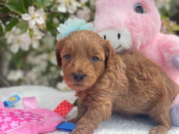 TEACUP GOLDENDOODLE PUPPIES, Precious Doodle Dogs, Teacup Doodle Dogs, Goldendoodle, Doodle Dog, Golden Doodles, Goldendoodle for sale, Goldendoodle puppies for sale, Miniature goldendoodle, goldendoodle puppies, mini goldendoodle, mini puppies, mini goldendoodle size, Mini Doodle Dogs, f1 goldendoodle, golden retriever poodle, chocolate goldendoodle, small doodles, goldendoodle temperament, goldendoodle colors, goldendoodle price, white goldendoodle, f2 goldendoodle, mini goldendoodle price, mini goldendoodle full grown, f1 mini goldendoodle, f1b goldendoodle, parti goldendoodle, goldendoodles near me, english goldendoodle, australian goldendoodle, red goldendoodle, doodle breeds, brown goldendoodle, goldendoodle cost, adult mini goldendoodle, golden noodle dog, doodle dog breeds, miniature golden doodle, miniature puppies, golden retriever poodle mix, A Star is Born, A star is born goldendoodle, a star is born dog, Bradley Cooper's Dog, Bradley Cooper Dog, Bradley Cooper's Goldendoodle, arizona goldendoodles, goldendoodle training, goldendoodle size, how big do mini goldendoodles get, goldendoodle full grown, baby goldendoodle, goldendoodle houston, golden doodles for sale, adult goldendoodle, apricot goldendoodle, goldendoodle grooming, mini golden doodles, goldendoodle shedding, f2b goldendoodle, goldendoodle hypoallergenic, goldendoodle names, english cream goldendoodle, golden retriever and poodle mix, mini goldendoodle puppies, micro goldendoodle, mini goldendoodle puppies for sale, miniature goldendoodle for sale, goldendoodle puppies for adoption, teddy bear goldendoodle, mini goldendoodle rescue, medium goldendoodle, black goldendoodle, mini goldendoodle for sale near me, goldendoodle puppies for sale near me, mini doodle, doodle puppies, mini goldendoodle for sale, goldendoodle breeders near me, miniature goldendoodle for sale near me, toy goldendoodle, petite goldendoodle, golden doodle dog, miniature goldendoodle puppies, mini goldendoodle puppies for sale near me, goldendoodles for sale near me, mini goldedoodle breeders, goldendoodle adoption, f1b mini goldendoodle, small goldendoodle, teacup goldendoodle, goldendoodle puppies near me, goldendoodle breeders, how to groom a goldendoodle, great doodle puppies, golden doodle mix, goldendoodle tampa, goldendoodle facts, white doodle dog, white goldendoodle puppy, mini goldendoodle maryland, country mini doodles, goldendoodle los angeles, toy labradoodle puppies for sale, types of goldendoodles, mini golden retriever puppies, golden goldendoodle, mini golden retriever puppies for sale, miniature australian goldendoodle, goldendoodle sacramento, goldendoodle omaha, labradoodle goldendoodle, f1 medium goldendoodle, BEST goldendoodles, pictures of mini goldendoodles, teacup goldendoodle full grown, micro mini goldendoodle full grown, toy goldendoodle price, goldendoodle chicago, retriever doodle, teacup goldendoodle puppies for sale, cute goldendoodle, mini teddy bear puppies, miniature goldendoodle full grown, f2 mini goldendoodle, goldendoodle spokane, mini goldendoodle chicago, micro mini goldendoodle, how nbig do miniature goldendoodles get, brown mini goldendoodle, mini doodle breeds, poodle doodle dog, what is a mini goldendoodle, black mini goldendoodle, mini irish doodle puppies for sale, f1b goldendoodle size, toy golden doodles, chocolate brown goldendoodle puppies for sale, petite goldendoodle full grown, goldendoodle behavior, american goldendoodle, f1b medium goldendoodle, goldendoodle puppy cost, cute goldendoodle puppies, goldendoodle indianapolis, teddy goldendoodle, mini goldendoodle weight, teddy bear golden doodles, f1b goldendoodle puppies for sale, miniature goldendoodle size, chocolate goldendoodle puppy, english cream mini goldendoodle, doodle puppies near me, red miniature goldendoodle, cream goldendoodle, goldendoodle puppy cut, mini goldendoodle hypoallergenic, dog breed goldendoodle, goldendoodle poodle mixes, goldendoodle allergies, goldendoodle info, sandy ridge goldendoodles, lakeshore goldendoodles, toy goldendoodle puppies for sale, labradoodle and goldendoodle, goldendoodle las vegas, goldendoodle phoenix, doodle breeders near me, miniature goldendoodle weight, black and white goldendoodle, sarasota goldendoodles, mini goldendoodle dallas, a goldendoodle, what is a goldendoodle, goldendoodle dallas, mini golden doodles for sale, ginger doodle puppy, how much does a mini goldendoodle cost, goldendoodle san antonio, goldendoodle photos, goldendoodle cuts, chocolate mini goldendoodle, all about goldendoodles, goldendoodle cincinnati, black doodle dog, goldendoodle weight, miniature goldendoodle breeders, goldendoodle information, miniature goldendoodle puppies for sale, doodle puppies for sale near me, black labradoodle puppies for sale, goldendoodle seattle, golden doodles near me, teacup goldendoodle for sale, golden retriever poodle puppy, goldendoodle rochester ny, goldendoodle and poodle mix, akc goldendoodle, goldendoodle kansas city, mini goldendoodle facts, goldendoodle austin, goldendoodle doodle, goldendoodle tulsa, curly goldendoodle, brown goldendoodle puppies, f1b labradoodle puppies for sale, red mini goldendoodle, goldendoodle poodle, chocolate goldendoodle for sale, tiny goldendoodle, goldendoodle puppies breeders, english goldendoodle puppies for sale, mini golden labradoodle, f1b mini teddy bear goldendoodles, red goldendoodle puppies for sale, miniature golden retriever breeders, f1 goldendoodles for sale, teacup goldendoodle puppies, toy mini goldendoodle, xs petite goldendoodle, f2 goldendoodle puppies for sale, mini goldendoodle cost, black goldendoodle for sale, english teddy bear goldendoodle, small doodle dogs, goldendoodle nashville, english goldendoodle puppies, golden retriever poodle mix for sale, red goldendoodle puppy, parti goldendoodles for sale, english cream goldendoodles for sale, doodle puppies for sale, golden retriever poodle mix puppies, goldendoodle tucson, f1b mini goldendoodle puppies for sale, mini goldendoodle breeders northeast, teddy bear goldendoodle, toy goldendoodle rescue, petite mini goldendoodle, goldendoodle stuff, mini goldendoodles near me, teddy bear goldendoodle puppies, f1 goldendoodle puppies, teddy bear goldendoodles for sale, silver goldendoodle, buy goldendoodle, mini golden doodle dog, teddy bear goldendoodles mini, micro mini goldendoodle puppies for sale, goldendoodle dogs for sale, best goldendoodle breeders, chocolate goldendoodle puppies for sale, doodle dogs for sale, toy goldendoodle puppies, mini doodle dog, toy goldendoodle breeders, doodles for sale, goldendoodle hypoallergenic dog, mini goldendoodle breeders near me, english goldendoodle breeders, f1b mini goldendoodle for sale, teacup goldendoodle price, petite goldendoodle for sale, mini english goldendoodle, mini goldendoodle info, miniature goldendoodle puppies for sale near me, black goldendoodle puppies for sale, f1 goldendoodle puppies for sale, Teacup Goldendoodles AL, Teacup Goldendoodles AK, Teacup Goldendoodles AZ, Teacup Goldendoodles AR, Teacup Goldendoodles CA, Teacup Goldendoodles CO, Teacup Goldendoodles CT, Teacup Goldendoodles DE, Teacup Goldendoodles FL, Teacup Goldendoodles GA, Teacup Goldendoodles HI, Teacup Goldendoodles ID, Teacup Goldendoodles IL, Teacup Goldendoodles IN, Teacup Goldendoodles IA, Teacup Goldendoodles KS, Teacup Goldendoodles KY, Teacup Goldendoodles LA, Teacup Goldendoodles ME, Teacup Goldendoodles MD, Teacup Goldendoodles MA, Teacup Goldendoodles MI, Teacup Goldendoodles MN, Teacup Goldendoodles MS, Teacup Goldendoodles MO, Teacup Goldendoodles MT, Teacup Goldendoodles NE, Teacup Goldendoodles NV, Teacup Goldendoodles NH, Teacup Goldendoodles NJ, Teacup Goldendoodles NM, Teacup Goldendoodles NY, Teacup Goldendoodles NC, Teacup Goldendoodles ND, Teacup Goldendoodles OH, Teacup Goldendoodles OK, Teacup Goldendoodles OR, Teacup Goldendoodles PA, Teacup Goldendoodles RI, Teacup Goldendoodles SC, Teacup Goldendoodles SD, Teacup Goldendoodles TN, Teacup Goldendoodles TX, Teacup Goldendoodles UT, Teacup Goldendoodles VT, Teacup Goldendoodles VA, Teacup Goldendoodles WA, Teacup Goldendoodles WV, Teacup Goldendoodles WI, Teacup Goldendoodles WY, Teacup Golden Doodles AL, Teacup Golden Doodles AK, Teacup Golden Doodles AZ, Teacup Golden Doodles AR, Teacup Golden Doodles CA, Teacup Golden Doodles CO, Teacup Golden Doodles CT, Teacup Golden Doodles DE, Teacup Golden Doodles FL, Teacup Golden Doodles GA, Teacup Golden Doodles HI, Teacup Golden Doodles ID, Teacup Golden Doodles IL, Teacup Golden Doodles IN, Teacup Golden Doodles IA, Teacup Golden Doodles KS, Teacup Golden Doodles KY, Teacup Golden Doodles LA, Teacup Golden Doodles ME, Teacup Golden Doodles MD, Teacup Golden Doodles MA, Teacup Golden Doodles MI, Teacup Golden Doodles MN, Teacup Golden Doodles MS, Teacup Golden Doodles MO, Teacup Golden Doodles MT, Teacup Golden Doodles NE, Teacup Golden Doodles NV, Teacup Golden Doodles NH, Teacup Golden Doodles NJ, Teacup Golden Doodles NM, Teacup Golden Doodles NY, Teacup Golden Doodles NC, Teacup Golden Doodles ND, Teacup Golden Doodles OH, Teacup Golden Doodles OK, Teacup Golden Doodles OR, Teacup Golden Doodles PA, Teacup Golden Doodles RI, Teacup Golden Doodles SC, Teacup Golden Doodles SD, Teacup Golden Doodles TN, Teacup Golden Doodles TX, Teacup Golden Doodles UT, Teacup Golden Doodles VT, Teacup Golden Doodles VA, Teacup Golden Doodles WA, Teacup Golden Doodles WV, Teacup Golden Doodles WI, Teacup Golden Doodles WY, Toy Goldendoodle Alabama, Toy Goldendoodle Alaska, Toy Goldendoodle Arizona, Toy Goldendoodle Arkansas, Toy Goldendoodle California, Toy Goldendoodle Colorado, Toy Goldendoodle Connecticut, Toy Goldendoodle Delaware, Toy Goldendoodle Florida, Toy Goldendoodle Georgia, Toy Goldendoodle Hawaii, Toy Goldendoodle Idaho, Toy Goldendoodle Illinois, Toy Goldendoodle Indiana, Toy Goldendoodle Iowa, Toy Goldendoodle Kansas, Toy Goldendoodle Kentucky, Toy Goldendoodle Louisiana, Toy Goldendoodle Maine, Toy Goldendoodle Maryland, Toy Goldendoodle Massachusetts, Toy Goldendoodle Michigan, Toy Goldendoodle Minnesota, Toy Goldendoodle Mississippi, Toy Goldendoodle Missouri, Toy Goldendoodle Montana, Toy Goldendoodle Nebraska, Toy Goldendoodle Nevada, Toy Goldendoodle New Hampshire, Toy Goldendoodle New Jersey, Toy Goldendoodle New Mexico, Toy Goldendoodle New York, Toy Goldendoodle North Carolina, Toy Goldendoodle North Dakota, Toy Goldendoodle Ohio, Toy Goldendoodle Oklahoma, Toy Goldendoodle Oregon, Toy Goldendoodle Pennsylvania, Toy Goldendoodle Rhode Island, Toy Goldendoodle South Carolina, Toy Goldendoodle South Dakota, Toy Goldendoodle Tennessee, Toy Goldendoodle Texas, Toy Goldendoodle Utah, Toy Goldendoodle Vermont, Toy Goldendoodle Virginia, Toy Goldendoodle Washington, Toy Goldendoodle West Virginia, Toy Goldendoodle Wisconsin, Toy Goldendoodle Wyoming, Teacup Goldendoodle breeders AL, Teacup Goldendoodle breeders AK, Teacup Goldendoodle breeders AZ, Teacup Goldendoodle breeders AR, Teacup Goldendoodle breeders CA, Teacup Goldendoodle breeders CO, Teacup Goldendoodle breeders CT, Teacup Goldendoodle breeders DE, Teacup Goldendoodle breeders FL, Teacup Goldendoodle breeders GA, Teacup Goldendoodle breeders HI, Teacup Goldendoodle breeders ID, Teacup Goldendoodle breeders IL, Teacup Goldendoodle breeders IN, Teacup Goldendoodle breeders IA, Teacup Goldendoodle breeders KS, Teacup Goldendoodle breeders KY, Teacup Goldendoodle breeders LA, Teacup Goldendoodle breeders ME, Teacup Goldendoodle breeders MD, Teacup Goldendoodle breeders MA, Teacup Goldendoodle breeders MI, Teacup Goldendoodle breeders MN, Teacup Goldendoodle breeders MS, Teacup Goldendoodle breeders MO, Teacup Goldendoodle breeders MT, Teacup Goldendoodle breeders NE, Teacup Goldendoodle breeders NV, Teacup Goldendoodle breeders NH, Teacup Goldendoodle breeders NJ, Teacup Goldendoodle breeders NM, Teacup Goldendoodle breeders NY, Teacup Goldendoodle breeders NC, Teacup Goldendoodle breeders ND, Teacup Goldendoodle breeders OH, Teacup Goldendoodle breeders OK, Teacup Goldendoodle breeders OR, Teacup Goldendoodle breeders PA, Teacup Goldendoodle breeders RI, Teacup Goldendoodle breeders SC, Teacup Goldendoodle breeders SD, Teacup Goldendoodle breeders TN, Teacup Goldendoodle breeders TX, Teacup Goldendoodle breeders UT, Teacup Goldendoodle breeders VT, Teacup Goldendoodle breeders VA, Teacup Goldendoodle breeders WA, Teacup Goldendoodle breeders WV, Teacup Goldendoodle breeders WI, Teacup Goldendoodle breeders WY, Teacup Golden doodle puppies for sale in AL, Teacup Golden doodle puppies for sale in AK, Teacup Golden doodle puppies for sale in AZ, Teacup Golden doodle puppies for sale in AR, Teacup Golden doodle puppies for sale in CA, Teacup Golden doodle puppies for sale in CO, Teacup Golden doodle puppies for sale in CT, Teacup Golden doodle puppies for sale in DE, Teacup Golden doodle puppies for sale in FL, Teacup Golden doodle puppies for sale in GA, Teacup Golden doodle puppies for sale in HI, Teacup Golden doodle puppies for sale in ID, Teacup Golden doodle puppies for sale in IL, Teacup Golden doodle puppies for sale in IN, Teacup Golden doodle puppies for sale in IA, Teacup Golden doodle puppies for sale in KS, Teacup Golden doodle puppies for sale in KY, Teacup Golden doodle puppies for sale in LA, Teacup Golden doodle puppies for sale in ME, Teacup Golden doodle puppies for sale in MD, Teacup Golden doodle puppies for sale in MA, Teacup Golden doodle puppies for sale in MI, Teacup Golden doodle puppies for sale in MN, Teacup Golden doodle puppies for sale in MS, Teacup Golden doodle puppies for sale in MO, Teacup Golden doodle puppies for sale in MT, Teacup Golden doodle puppies for sale in NE, Teacup Golden doodle puppies for sale in NV, Teacup Golden doodle puppies for sale in NH, Teacup Golden doodle puppies for sale in NJ, Teacup Golden doodle puppies for sale in NM, Teacup Golden doodle puppies for sale in NY, Teacup Golden doodle puppies for sale in NC, Teacup Golden doodle puppies for sale in ND, Teacup Golden doodle puppies for sale in OH, Teacup Golden doodle puppies for sale in OK, Teacup Golden doodle puppies for sale in OR, Teacup Golden doodle puppies for sale in PA, Teacup Golden doodle puppies for sale in RI, Teacup Golden doodle puppies for sale in SC, Teacup Golden doodle puppies for sale in SD, Teacup Golden doodle puppies for sale in TN, Teacup Golden doodle puppies for sale in TX, Teacup Golden doodle puppies for sale in UT, Teacup Golden doodle puppies for sale in VT, Teacup Golden doodle puppies for sale in VA, Teacup Golden doodle puppies for sale in WA, Teacup Golden doodle puppies for sale in WV, Teacup Golden doodle puppies for sale in WI, Teacup Golden doodle puppies for sale in WY, Teacup Goldendoodles for sale in AL, Teacup Goldendoodles for sale in AK, Teacup Goldendoodles for sale in AZ, Teacup Goldendoodles for sale in AR, Teacup Goldendoodles for sale in CA, Teacup Goldendoodles for sale in CO, Teacup Goldendoodles for sale in CT, Teacup Goldendoodles for sale in DE, Teacup Goldendoodles for sale in FL, Teacup Goldendoodles for sale in GA, Teacup Goldendoodles for sale in HI, Teacup Goldendoodles for sale in ID, Teacup Goldendoodles for sale in IL, Teacup Goldendoodles for sale in IN, Teacup Goldendoodles for sale in IA, Teacup Goldendoodles for sale in KS, Teacup Goldendoodles for sale in KY, Teacup Goldendoodles for sale in LA, Teacup Goldendoodles for sale in ME, Teacup Goldendoodles for sale in MD, Teacup Goldendoodles for sale in MA, Teacup Goldendoodles for sale in MI, Teacup Goldendoodles for sale in MN, Teacup Goldendoodles for sale in MS, Teacup Goldendoodles for sale in MO, Teacup Goldendoodles for sale in MT, Teacup Goldendoodles for sale in NE, Teacup Goldendoodles for sale in NV, Teacup Goldendoodles for sale in NH, Teacup Goldendoodles for sale in NJ, Teacup Goldendoodles for sale in NM, Teacup Goldendoodles for sale in NY, Teacup Goldendoodles for sale in NC, Teacup Goldendoodles for sale in ND, Teacup Goldendoodles for sale in OH, Teacup Goldendoodles for sale in OK, Teacup Goldendoodles for sale in OR, Teacup Goldendoodles for sale in PA, Teacup Goldendoodles for sale in RI, Teacup Goldendoodles for sale in SC, Teacup Goldendoodles for sale in SD, Teacup Goldendoodles for sale in TN, Teacup Goldendoodles for sale in TX, Teacup Goldendoodles for sale in UT, Teacup Goldendoodles for sale in VT, Teacup Goldendoodles for sale in VA, Teacup Goldendoodles for sale in WA, Teacup Goldendoodles for sale in WV, Teacup Goldendoodles for sale in WI, Teacup Goldendoodles for sale in WY, Teacup Goldendoodle Alabama, Teacup Goldendoodle Alaska, Teacup Goldendoodle Arizona, Teacup Goldendoodle Arkansas, Teacup Goldendoodle California, Teacup Goldendoodle Colorado, Teacup Goldendoodle Connecticut, Teacup Goldendoodle Delaware, Teacup Goldendoodle Florida, Teacup Goldendoodle Georgia, Teacup Goldendoodle Hawaii, Teacup Goldendoodle Idaho, Teacup Goldendoodle Illinois, Teacup Goldendoodle Indiana, Teacup Goldendoodle Iowa, Teacup Goldendoodle Kansas, Teacup Goldendoodle Kentucky, Teacup Goldendoodle Louisiana, Teacup Goldendoodle Maine, Teacup Goldendoodle Maryland, Teacup Goldendoodle Massachusetts, Teacup Goldendoodle Michigan, Teacup Goldendoodle Minnesota, Teacup Goldendoodle Mississippi, Teacup Goldendoodle Missouri, Teacup Goldendoodle Montana, Teacup Goldendoodle Nebraska, Teacup Goldendoodle Nevada, Teacup Goldendoodle New Hampshire, Teacup Goldendoodle New Jersey, Teacup Goldendoodle New Mexico, Teacup Goldendoodle New York, Teacup Goldendoodle North Carolina, Teacup Goldendoodle North Dakota, Teacup Goldendoodle Ohio, Teacup Goldendoodle Oklahoma, Teacup Goldendoodle Oregon, Teacup Goldendoodle Pennsylvania, Teacup Goldendoodle Rhode Island, Teacup Goldendoodle South Carolina, Teacup Goldendoodle South Dakota, Teacup Goldendoodle Tennessee, Teacup Goldendoodle Texas, Teacup Goldendoodle Utah, Teacup Goldendoodle Vermont, Teacup Goldendoodle Virginia, Teacup Goldendoodle Washington, Teacup Goldendoodle West Virginia, Teacup Goldendoodle Wisconsin, Teacup Goldendoodle Wyoming, Goldendoodle Breeders AL, Goldendoodle Breeders AK, Goldendoodle Breeders AZ, Goldendoodle Breeders AR, Goldendoodle Breeders CA, Goldendoodle Breeders CO, Goldendoodle Breeders CT, Goldendoodle Breeders DE, Goldendoodle Breeders FL, Goldendoodle Breeders GA, Goldendoodle Breeders HI, Goldendoodle Breeders ID, Goldendoodle Breeders IL, Goldendoodle Breeders IN, Goldendoodle Breeders IA, Goldendoodle Breeders KS, Goldendoodle Breeders KY, Goldendoodle Breeders LA, Goldendoodle Breeders ME, Goldendoodle Breeders MD, Goldendoodle Breeders MA, Goldendoodle Breeders MI, Goldendoodle Breeders MN, Goldendoodle Breeders MS, Goldendoodle Breeders MO, Goldendoodle Breeders MT, Goldendoodle Breeders NE, Goldendoodle Breeders NV, Goldendoodle Breeders NH, Goldendoodle Breeders NJ, Goldendoodle Breeders NM, Goldendoodle Breeders NY, Goldendoodle Breeders NC, Goldendoodle Breeders ND, Goldendoodle Breeders OH, Goldendoodle Breeders OK, Goldendoodle Breeders OR, Goldendoodle Breeders PA, Goldendoodle Breeders RI, Goldendoodle Breeders SC, Goldendoodle Breeders SD, Goldendoodle Breeders TN, Goldendoodle Breeders TX, Goldendoodle Breeders UT, Goldendoodle Breeders VT, Goldendoodle Breeders VA, Goldendoodle Breeders WA, Goldendoodle Breeders WV, Goldendoodle Breeders WI, Goldendoodle Breeders WY, Teacup Golden doodles for sale in AL, Teacup Golden doodles for sale in AK, Teacup Golden doodles for sale in AZ, Teacup Golden doodles for sale in AR, Teacup Golden doodles for sale in CA, Teacup Golden doodles for sale in CO, Teacup Golden doodles for sale in CT, Teacup Golden doodles for sale in DE, Teacup Golden doodles for sale in FL, Teacup Golden doodles for sale in GA, Teacup Golden doodles for sale in HI, Teacup Golden doodles for sale in ID, Teacup Golden doodles for sale in IL, Teacup Golden doodles for sale in IN, Teacup Golden doodles for sale in IA, Teacup Golden doodles for sale in KS, Teacup Golden doodles for sale in KY, Teacup Golden doodles for sale in LA, Teacup Golden doodles for sale in ME, Teacup Golden doodles for sale in MD, Teacup Golden doodles for sale in MA, Teacup Golden doodles for sale in MI, Teacup Golden doodles for sale in MN, Teacup Golden doodles for sale in MS, Teacup Golden doodles for sale in MO, Teacup Golden doodles for sale in MT, Teacup Golden doodles for sale in NE, Teacup Golden doodles for sale in NV, Teacup Golden doodles for sale in NH, Teacup Golden doodles for sale in NJ, Teacup Golden doodles for sale in NM, Teacup Golden doodles for sale in NY, Teacup Golden doodles for sale in NC, Teacup Golden doodles for sale in ND, Teacup Golden doodles for sale in OH, Teacup Golden doodles for sale in OK, Teacup Golden doodles for sale in OR, Teacup Golden doodles for sale in PA, Teacup Golden doodles for sale in RI, Teacup Golden doodles for sale in SC, Teacup Golden doodles for sale in SD, Teacup Golden doodles for sale in TN, Teacup Golden doodles for sale in TX, Teacup Golden doodles for sale in UT, Teacup Golden doodles for sale in VT, Teacup Golden doodles for sale in VA, Teacup Golden doodles for sale in WA, Teacup Golden doodles for sale in WV, Teacup Golden doodles for sale in WI, Teacup Golden doodles for sale in WY,