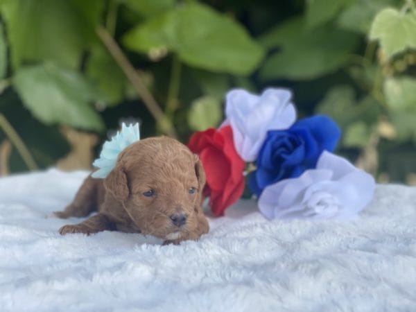 Micro GOLDENDOODLE PUPPIES, Micro Goldendoodle, Precious Doodle Dogs, Teacup Doodle Dogs, Goldendoodle, Doodle Dog, Golden Doodles, Goldendoodle for sale, Goldendoodle puppies for sale, Miniature goldendoodle, goldendoodle puppies, mini goldendoodle, mini puppies, mini goldendoodle size, Mini Doodle Dogs, f1 goldendoodle, golden retriever poodle, chocolate goldendoodle, small doodles, goldendoodle temperament, goldendoodle colors, goldendoodle price, white goldendoodle, f2 goldendoodle, mini goldendoodle price, mini goldendoodle full grown, f1 mini goldendoodle, f1b goldendoodle, parti goldendoodle, goldendoodles near me, english goldendoodle, australian goldendoodle, red goldendoodle, doodle breeds, brown goldendoodle, goldendoodle cost, adult mini goldendoodle, golden noodle dog, doodle dog breeds, miniature golden doodle, miniature puppies, golden retriever poodle mix, A Star is Born, A star is born goldendoodle, a star is born dog, Bradley Cooper's Dog, Bradley Cooper Dog, Bradley Cooper's Goldendoodle, arizona goldendoodles, goldendoodle training, goldendoodle size, how big do mini goldendoodles get, goldendoodle full grown, baby goldendoodle, goldendoodle houston, golden doodles for sale, adult goldendoodle, apricot goldendoodle, goldendoodle grooming, mini golden doodles, goldendoodle shedding, f2b goldendoodle, goldendoodle hypoallergenic, goldendoodle names, english cream goldendoodle, golden retriever and poodle mix, mini goldendoodle puppies, micro goldendoodle, mini goldendoodle puppies for sale, miniature goldendoodle for sale, goldendoodle puppies for adoption, teddy bear goldendoodle, mini goldendoodle rescue, medium goldendoodle, black goldendoodle, mini goldendoodle for sale near me, goldendoodle puppies for sale near me, mini doodle, doodle puppies, mini goldendoodle for sale, goldendoodle breeders near me, miniature goldendoodle for sale near me, toy goldendoodle, petite goldendoodle, golden doodle dog, miniature goldendoodle puppies, mini goldendoodle puppies for sale near me, goldendoodles for sale near me, mini goldedoodle breeders, goldendoodle adoption, f1b mini goldendoodle, small goldendoodle, teacup goldendoodle, goldendoodle puppies near me, goldendoodle breeders, how to groom a goldendoodle, great doodle puppies, golden doodle mix, goldendoodle tampa, goldendoodle facts, white doodle dog, white goldendoodle puppy, mini goldendoodle maryland, country mini doodles, goldendoodle los angeles, toy labradoodle puppies for sale, types of goldendoodles, mini golden retriever puppies, golden goldendoodle, mini golden retriever puppies for sale, miniature australian goldendoodle, goldendoodle sacramento, goldendoodle omaha, labradoodle goldendoodle, f1 medium goldendoodle, BEST goldendoodles, pictures of mini goldendoodles, teacup goldendoodle full grown, micro mini goldendoodle full grown, toy goldendoodle price, goldendoodle chicago, retriever doodle, teacup goldendoodle puppies for sale, cute goldendoodle, mini teddy bear puppies, miniature goldendoodle full grown, f2 mini goldendoodle, goldendoodle spokane, mini goldendoodle chicago, micro mini goldendoodle, how nbig do miniature goldendoodles get, brown mini goldendoodle, mini doodle breeds, poodle doodle dog, what is a mini goldendoodle, black mini goldendoodle, mini irish doodle puppies for sale, f1b goldendoodle size, toy golden doodles, chocolate brown goldendoodle puppies for sale, petite goldendoodle full grown, goldendoodle behavior, american goldendoodle, f1b medium goldendoodle, goldendoodle puppy cost, cute goldendoodle puppies, goldendoodle indianapolis, teddy goldendoodle, mini goldendoodle weight, teddy bear golden doodles, f1b goldendoodle puppies for sale, miniature goldendoodle size, chocolate goldendoodle puppy, english cream mini goldendoodle, doodle puppies near me, red miniature goldendoodle, cream goldendoodle, goldendoodle puppy cut, mini goldendoodle hypoallergenic, dog breed goldendoodle, goldendoodle poodle mixes, goldendoodle allergies, goldendoodle info, sandy ridge goldendoodles, lakeshore goldendoodles, toy goldendoodle puppies for sale, labradoodle and goldendoodle, goldendoodle las vegas, goldendoodle phoenix, doodle breeders near me, miniature goldendoodle weight, black and white goldendoodle, sarasota goldendoodles, mini goldendoodle dallas, a goldendoodle, what is a goldendoodle, goldendoodle dallas, mini golden doodles for sale, ginger doodle puppy, how much does a mini goldendoodle cost, goldendoodle san antonio, goldendoodle photos, goldendoodle cuts, chocolate mini goldendoodle, all about goldendoodles, goldendoodle cincinnati, black doodle dog, goldendoodle weight, miniature goldendoodle breeders, goldendoodle information, miniature goldendoodle puppies for sale, doodle puppies for sale near me, black labradoodle puppies for sale, goldendoodle seattle, golden doodles near me, teacup goldendoodle for sale, golden retriever poodle puppy, goldendoodle rochester ny, goldendoodle and poodle mix, akc goldendoodle, goldendoodle kansas city, mini goldendoodle facts, goldendoodle austin, goldendoodle doodle, goldendoodle tulsa, curly goldendoodle, brown goldendoodle puppies, f1b labradoodle puppies for sale, red mini goldendoodle, goldendoodle poodle, chocolate goldendoodle for sale, tiny goldendoodle, goldendoodle puppies breeders, english goldendoodle puppies for sale, mini golden labradoodle, f1b mini teddy bear goldendoodles, red goldendoodle puppies for sale, miniature golden retriever breeders, f1 goldendoodles for sale, teacup goldendoodle puppies, toy mini goldendoodle, xs petite goldendoodle, f2 goldendoodle puppies for sale, mini goldendoodle cost, black goldendoodle for sale, english teddy bear goldendoodle, small doodle dogs, goldendoodle nashville, english goldendoodle puppies, golden retriever poodle mix for sale, red goldendoodle puppy, parti goldendoodles for sale, english cream goldendoodles for sale, doodle puppies for sale, golden retriever poodle mix puppies, goldendoodle tucson, f1b mini goldendoodle puppies for sale, mini goldendoodle breeders northeast, teddy bear goldendoodle, toy goldendoodle rescue, petite mini goldendoodle, goldendoodle stuff, mini goldendoodles near me, teddy bear goldendoodle puppies, f1 goldendoodle puppies, teddy bear goldendoodles for sale, silver goldendoodle, buy goldendoodle, mini golden doodle dog, teddy bear goldendoodles mini, micro mini goldendoodle puppies for sale, goldendoodle dogs for sale, best goldendoodle breeders, chocolate goldendoodle puppies for sale, doodle dogs for sale, toy goldendoodle puppies, mini doodle dog, toy goldendoodle breeders, doodles for sale, goldendoodle hypoallergenic dog, mini goldendoodle breeders near me, english goldendoodle breeders, f1b mini goldendoodle for sale, teacup goldendoodle price, petite goldendoodle for sale, mini english goldendoodle, mini goldendoodle info, miniature goldendoodle puppies for sale near me, black goldendoodle puppies for sale, f1 goldendoodle puppies for sale, Micro Goldendoodles AL, Micro Goldendoodles AK, Micro Goldendoodles AZ, Micro Goldendoodles AR, Micro Goldendoodles CA, Micro Goldendoodles CO, Micro Goldendoodles CT, Micro Goldendoodles DE, Micro Goldendoodles FL, Micro Goldendoodles GA, Micro Goldendoodles HI, Micro Goldendoodles ID, Micro Goldendoodles IL, Micro Goldendoodles IN, Micro Goldendoodles IA, Micro Goldendoodles KS, Micro Goldendoodles KY, Micro Goldendoodles LA, Micro Goldendoodles ME, Micro Goldendoodles MD, Micro Goldendoodles MA, Micro Goldendoodles MI, Micro Goldendoodles MN, Micro Goldendoodles MS, Micro Goldendoodles MO, Micro Goldendoodles MT, Micro Goldendoodles NE, Micro Goldendoodles NV, Micro Goldendoodles NH, Micro Goldendoodles NJ, Micro Goldendoodles NM, Micro Goldendoodles NY, Micro Goldendoodles NC, Micro Goldendoodles ND, Micro Goldendoodles OH, Micro Goldendoodles OK, Micro Goldendoodles OR, Micro Goldendoodles PA, Micro Goldendoodles RI, Micro Goldendoodles SC, Micro Goldendoodles SD, Micro Goldendoodles TN, Micro Goldendoodles TX, Micro Goldendoodles UT, Micro Goldendoodles VT, Micro Goldendoodles VA, Micro Goldendoodles WA, Micro Goldendoodles WV, Micro Goldendoodles WI, Micro Goldendoodles WY, Micro Golden Doodles AL, Micro Golden Doodles AK, Micro Golden Doodles AZ, Micro Golden Doodles AR, Micro Golden Doodles CA, Micro Golden Doodles CO, Micro Golden Doodles CT, Micro Golden Doodles DE, Micro Golden Doodles FL, Micro Golden Doodles GA, Micro Golden Doodles HI, Micro Golden Doodles ID, Micro Golden Doodles IL, Micro Golden Doodles IN, Micro Golden Doodles IA, Micro Golden Doodles KS, Micro Golden Doodles KY, Micro Golden Doodles LA, Micro Golden Doodles ME, Micro Golden Doodles MD, Micro Golden Doodles MA, Micro Golden Doodles MI, Micro Golden Doodles MN, Micro Golden Doodles MS, Micro Golden Doodles MO, Micro Golden Doodles MT, Micro Golden Doodles NE, Micro Golden Doodles NV, Micro Golden Doodles NH, Micro Golden Doodles NJ, Micro Golden Doodles NM, Micro Golden Doodles NY, Micro Golden Doodles NC, Micro Golden Doodles ND, Micro Golden Doodles OH, Micro Golden Doodles OK, Micro Golden Doodles OR, Micro Golden Doodles PA, Micro Golden Doodles RI, Micro Golden Doodles SC, Micro Golden Doodles SD, Micro Golden Doodles TN, Micro Golden Doodles TX, Micro Golden Doodles UT, Micro Golden Doodles VT, Micro Golden Doodles VA, Micro Golden Doodles WA, Micro Golden Doodles WV, Micro Golden Doodles WI, Micro Golden Doodles WY, Micro Goldendoodle Alabama, Micro Goldendoodle Alaska, Micro Goldendoodle Arizona, Micro Goldendoodle Arkansas, Micro Goldendoodle California, Micro Goldendoodle Colorado, Micro Goldendoodle Connecticut, Micro Goldendoodle Delaware, Micro Goldendoodle Florida, Micro Goldendoodle Georgia, Micro Goldendoodle Hawaii, Micro Goldendoodle Idaho, Micro Goldendoodle Illinois, Micro Goldendoodle Indiana, Micro Goldendoodle Iowa, Micro Goldendoodle Kansas, Micro Goldendoodle Kentucky, Micro Goldendoodle Louisiana, Micro Goldendoodle Maine, Micro Goldendoodle Maryland, Micro Goldendoodle Massachusetts, Micro Goldendoodle Michigan, Micro Goldendoodle Minnesota, Micro Goldendoodle Mississippi, Micro Goldendoodle Missouri, Micro Goldendoodle Montana, Micro Goldendoodle Nebraska, Micro Goldendoodle Nevada, Micro Goldendoodle New Hampshire, Micro Goldendoodle New Jersey, Micro Goldendoodle New Mexico, Micro Goldendoodle New York, Micro Goldendoodle North Carolina, Micro Goldendoodle North Dakota, Micro Goldendoodle Ohio, Micro Goldendoodle Oklahoma, Micro Goldendoodle Oregon, Micro Goldendoodle Pennsylvania, Micro Goldendoodle Rhode Island, Micro Goldendoodle South Carolina, Micro Goldendoodle South Dakota, Micro Goldendoodle Tennessee, Micro Goldendoodle Texas, Micro Goldendoodle Utah, Micro Goldendoodle Vermont, Micro Goldendoodle Virginia, Micro Goldendoodle Washington, Micro Goldendoodle West Virginia, Micro Goldendoodle Wisconsin, Micro Goldendoodle Wyoming, Micro Goldendoodle breeders AL, Micro Goldendoodle breeders AK, Micro Goldendoodle breeders AZ, Micro Goldendoodle breeders AR, Micro Goldendoodle breeders CA, Micro Goldendoodle breeders CO, Micro Goldendoodle breeders CT, Micro Goldendoodle breeders DE, Micro Goldendoodle breeders FL, Micro Goldendoodle breeders GA, Micro Goldendoodle breeders HI, Micro Goldendoodle breeders ID, Micro Goldendoodle breeders IL, Micro Goldendoodle breeders IN, Micro Goldendoodle breeders IA, Micro Goldendoodle breeders KS, Micro Goldendoodle breeders KY, Micro Goldendoodle breeders LA, Micro Goldendoodle breeders ME, Micro Goldendoodle breeders MD, Micro Goldendoodle breeders MA, Micro Goldendoodle breeders MI, Micro Goldendoodle breeders MN, Micro Goldendoodle breeders MS, Micro Goldendoodle breeders MO, Micro Goldendoodle breeders MT, Micro Goldendoodle breeders NE, Micro Goldendoodle breeders NV, Micro Goldendoodle breeders NH, Micro Goldendoodle breeders NJ, Micro Goldendoodle breeders NM, Micro Goldendoodle breeders NY, Micro Goldendoodle breeders NC, Micro Goldendoodle breeders ND, Micro Goldendoodle breeders OH, Micro Goldendoodle breeders OK, Micro Goldendoodle breeders OR, Micro Goldendoodle breeders PA, Micro Goldendoodle breeders RI, Micro Goldendoodle breeders SC, Micro Goldendoodle breeders SD, Micro Goldendoodle breeders TN, Micro Goldendoodle breeders TX, Micro Goldendoodle breeders UT, Micro Goldendoodle breeders VT, Micro Goldendoodle breeders VA, Micro Goldendoodle breeders WA, Micro Goldendoodle breeders WV, Micro Goldendoodle breeders WI, Micro Goldendoodle breeders WY, Micro Golden doodle puppies for sale in AL, Micro Golden doodle puppies for sale in AK, Micro Golden doodle puppies for sale in AZ, Micro Golden doodle puppies for sale in AR, Micro Golden doodle puppies for sale in CA, Micro Golden doodle puppies for sale in CO, Micro Golden doodle puppies for sale in CT, Micro Golden doodle puppies for sale in DE, Micro Golden doodle puppies for sale in FL, Micro Golden doodle puppies for sale in GA, Micro Golden doodle puppies for sale in HI, Micro Golden doodle puppies for sale in ID, Micro Golden doodle puppies for sale in IL, Micro Golden doodle puppies for sale in IN, Micro Golden doodle puppies for sale in IA, Micro Golden doodle puppies for sale in KS, Micro Golden doodle puppies for sale in KY, Micro Golden doodle puppies for sale in LA, Micro Golden doodle puppies for sale in ME, Micro Golden doodle puppies for sale in MD, Micro Golden doodle puppies for sale in MA, Micro Golden doodle puppies for sale in MI, Micro Golden doodle puppies for sale in MN, Micro Golden doodle puppies for sale in MS, Micro Golden doodle puppies for sale in MO, Micro Golden doodle puppies for sale in MT, Micro Golden doodle puppies for sale in NE, Micro Golden doodle puppies for sale in NV, Micro Golden doodle puppies for sale in NH, Micro Golden doodle puppies for sale in NJ, Micro Golden doodle puppies for sale in NM, Micro Golden doodle puppies for sale in NY, Micro Golden doodle puppies for sale in NC, Micro Golden doodle puppies for sale in ND, Micro Golden doodle puppies for sale in OH, Micro Golden doodle puppies for sale in OK, Micro Golden doodle puppies for sale in OR, Micro Golden doodle puppies for sale in PA, Micro Golden doodle puppies for sale in RI, Micro Golden doodle puppies for sale in SC, Micro Golden doodle puppies for sale in SD, Micro Golden doodle puppies for sale in TN, Micro Golden doodle puppies for sale in TX, Micro Golden doodle puppies for sale in UT, Micro Golden doodle puppies for sale in VT, Micro Golden doodle puppies for sale in VA, Micro Golden doodle puppies for sale in WA, Micro Golden doodle puppies for sale in WV, Micro Golden doodle puppies for sale in WI, Micro Golden doodle puppies for sale in WY, Micro Goldendoodles for sale in AL, Micro Goldendoodles for sale in AK, Micro Goldendoodles for sale in AZ, Micro Goldendoodles for sale in AR, Micro Goldendoodles for sale in CA, Micro Goldendoodles for sale in CO, Micro Goldendoodles for sale in CT, Micro Goldendoodles for sale in DE, Micro Goldendoodles for sale in FL, Micro Goldendoodles for sale in GA, Micro Goldendoodles for sale in HI, Micro Goldendoodles for sale in ID, Micro Goldendoodles for sale in IL, Micro Goldendoodles for sale in IN, Micro Goldendoodles for sale in IA, Micro Goldendoodles for sale in KS, Micro Goldendoodles for sale in KY, Micro Goldendoodles for sale in LA, Micro Goldendoodles for sale in ME, Micro Goldendoodles for sale in MD, Micro Goldendoodles for sale in MA, Micro Goldendoodles for sale in MI, Micro Goldendoodles for sale in MN, Micro Goldendoodles for sale in MS, Micro Goldendoodles for sale in MO, Micro Goldendoodles for sale in MT, Micro Goldendoodles for sale in NE, Micro Goldendoodles for sale in NV, Micro Goldendoodles for sale in NH, Micro Goldendoodles for sale in NJ, Micro Goldendoodles for sale in NM, Micro Goldendoodles for sale in NY, Micro Goldendoodles for sale in NC, Micro Goldendoodles for sale in ND, Micro Goldendoodles for sale in OH, Micro Goldendoodles for sale in OK, Micro Goldendoodles for sale in OR, Micro Goldendoodles for sale in PA, Micro Goldendoodles for sale in RI, Micro Goldendoodles for sale in SC, Micro Goldendoodles for sale in SD, Micro Goldendoodles for sale in TN, Micro Goldendoodles for sale in TX, Micro Goldendoodles for sale in UT, Micro Goldendoodles for sale in VT, Micro Goldendoodles for sale in VA, Micro Goldendoodles for sale in WA, Micro Goldendoodles for sale in WV, Micro Goldendoodles for sale in WI, Micro Goldendoodles for sale in WY, Micro Golden doodles Alabama, Micro Golden doodles Alaska, Micro Golden doodles Arizona, Micro Golden doodles Arkansas, Micro Golden doodles California, Micro Golden doodles Colorado, Micro Golden doodles Connecticut, Micro Golden doodles Delaware, Micro Golden doodles Florida, Micro Golden doodles Georgia, Micro Golden doodles Hawaii, Micro Golden doodles Idaho, Micro Golden doodles Illinois, Micro Golden doodles Indiana, Micro Golden doodles Iowa, Micro Golden doodles Kansas, Micro Golden doodles Kentucky, Micro Golden doodles Louisiana, Micro Golden doodles Maine, Micro Golden doodles Maryland, Micro Golden doodles Massachusetts, Micro Golden doodles Michigan, Micro Golden doodles Minnesota, Micro Golden doodles Mississippi, Micro Golden doodles Missouri, Micro Golden doodles Montana, Micro Golden doodles Nebraska, Micro Golden doodles Nevada, Micro Golden doodles New Hampshire, Micro Golden doodles New Jersey, Micro Golden doodles New Mexico, Micro Golden doodles New York, Micro Golden doodles North Carolina, Micro Golden doodles North Dakota, Micro Golden doodles Ohio, Micro Golden doodles Oklahoma, Micro Golden doodles Oregon, Micro Golden doodles Pennsylvania, Micro Golden doodles Rhode Island, Micro Golden doodles South Carolina, Micro Golden doodles South Dakota, Micro Golden doodles Tennessee, Micro Golden doodles Texas, Micro Golden doodles Utah, Micro Golden doodles Vermont, Micro Golden doodles Virginia, Micro Golden doodles Washington, Micro Golden doodles West Virginia, Micro Golden doodles Wisconsin, Micro Golden doodles Wyoming, Golden doodle Breeders AL, Golden doodle Breeders AK, Golden doodle Breeders AZ, Golden doodle Breeders AR, Golden doodle Breeders CA, Golden doodle Breeders CO, Golden doodle Breeders CT, Golden doodle Breeders DE, Golden doodle Breeders FL, Golden doodle Breeders GA, Golden doodle Breeders HI, Golden doodle Breeders ID, Golden doodle Breeders IL, Golden doodle Breeders IN, Golden doodle Breeders IA, Golden doodle Breeders KS, Golden doodle Breeders KY, Golden doodle Breeders LA, Golden doodle Breeders ME, Golden doodle Breeders MD, Golden doodle Breeders MA, Golden doodle Breeders MI, Golden doodle Breeders MN, Golden doodle Breeders MS, Golden doodle Breeders MO, Golden doodle Breeders MT, Golden doodle Breeders NE, Golden doodle Breeders NV, Golden doodle Breeders NH, Golden doodle Breeders NJ, Golden doodle Breeders NM, Golden doodle Breeders NY, Golden doodle Breeders NC, Golden doodle Breeders ND, Golden doodle Breeders OH, Golden doodle Breeders OK, Golden doodle Breeders OR, Golden doodle Breeders PA, Golden doodle Breeders RI, Golden doodle Breeders SC, Golden doodle Breeders SD, Golden doodle Breeders TN, Golden doodle Breeders TX, Golden doodle Breeders UT, Golden doodle Breeders VT, Golden doodle Breeders VA, Golden doodle Breeders WA, Golden doodle Breeders WV, Golden doodle Breeders WI, Golden doodle Breeders WY, Micro Golden doodles for sale in AL, Micro Golden doodles for sale in AK, Micro Golden doodles for sale in AZ, Micro Golden doodles for sale in AR, Micro Golden doodles for sale in CA, Micro Golden doodles for sale in CO, Micro Golden doodles for sale in CT, Micro Golden doodles for sale in DE, Micro Golden doodles for sale in FL, Micro Golden doodles for sale in GA, Micro Golden doodles for sale in HI, Micro Golden doodles for sale in ID, Micro Golden doodles for sale in IL, Micro Golden doodles for sale in IN, Micro Golden doodles for sale in IA, Micro Golden doodles for sale in KS, Micro Golden doodles for sale in KY, Micro Golden doodles for sale in LA, Micro Golden doodles for sale in ME, Micro Golden doodles for sale in MD, Micro Golden doodles for sale in MA, Micro Golden doodles for sale in MI, Micro Golden doodles for sale in MN, Micro Golden doodles for sale in MS, Micro Golden doodles for sale in MO, Micro Golden doodles for sale in MT, Micro Golden doodles for sale in NE, Micro Golden doodles for sale in NV, Micro Golden doodles for sale in NH, Micro Golden doodles for sale in NJ, Micro Golden doodles for sale in NM, Micro Golden doodles for sale in NY, Micro Golden doodles for sale in NC, Micro Golden doodles for sale in ND, Micro Golden doodles for sale in OH, Micro Golden doodles for sale in OK, Micro Golden doodles for sale in OR, Micro Golden doodles for sale in PA, Micro Golden doodles for sale in RI, Micro Golden doodles for sale in SC, Micro Golden doodles for sale in SD, Micro Golden doodles for sale in TN, Micro Golden doodles for sale in TX, Micro Golden doodles for sale in UT, Micro Golden doodles for sale in VT, Micro Golden doodles for sale in VA, Micro Golden doodles for sale in WA, Micro Golden doodles for sale in WV, Micro Golden doodles for sale in WI, Micro Golden doodles for sale in WY,