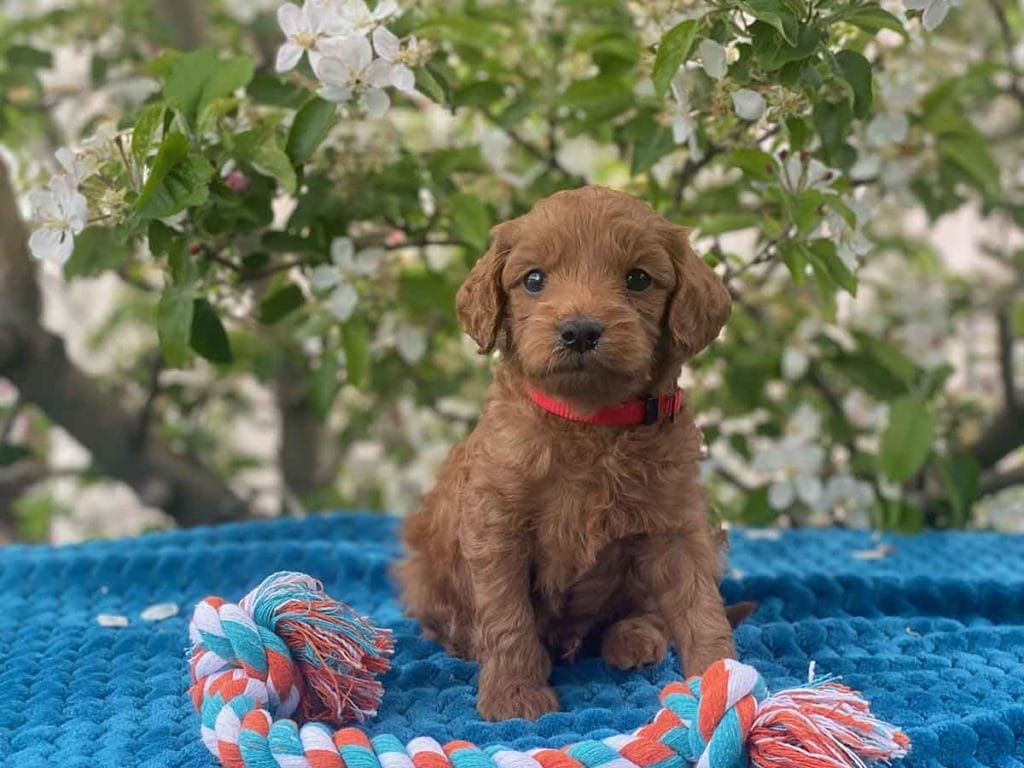 Micro GOLDENDOODLE PUPPIES, Micro Goldendoodle, Precious Doodle Dogs, Teacup Doodle Dogs, Goldendoodle, Doodle Dog, Golden Doodles, Goldendoodle for sale, Goldendoodle puppies for sale, Miniature goldendoodle, goldendoodle puppies, mini goldendoodle, mini puppies, mini goldendoodle size, Mini Doodle Dogs, f1 goldendoodle, golden retriever poodle, chocolate goldendoodle, small doodles, goldendoodle temperament, goldendoodle colors, goldendoodle price, white goldendoodle, f2 goldendoodle, mini goldendoodle price, mini goldendoodle full grown, f1 mini goldendoodle, f1b goldendoodle, parti goldendoodle, goldendoodles near me, english goldendoodle, australian goldendoodle, red goldendoodle, doodle breeds, brown goldendoodle, goldendoodle cost, adult mini goldendoodle, golden noodle dog, doodle dog breeds, miniature golden doodle, miniature puppies, golden retriever poodle mix, A Star is Born, A star is born goldendoodle, a star is born dog, Bradley Cooper's Dog, Bradley Cooper Dog, Bradley Cooper's Goldendoodle, arizona goldendoodles, goldendoodle training, goldendoodle size, how big do mini goldendoodles get, goldendoodle full grown, baby goldendoodle, goldendoodle houston, golden doodles for sale, adult goldendoodle, apricot goldendoodle, goldendoodle grooming, mini golden doodles, goldendoodle shedding, f2b goldendoodle, goldendoodle hypoallergenic, goldendoodle names, english cream goldendoodle, golden retriever and poodle mix, mini goldendoodle puppies, micro goldendoodle, mini goldendoodle puppies for sale, miniature goldendoodle for sale, goldendoodle puppies for adoption, teddy bear goldendoodle, mini goldendoodle rescue, medium goldendoodle, black goldendoodle, mini goldendoodle for sale near me, goldendoodle puppies for sale near me, mini doodle, doodle puppies, mini goldendoodle for sale, goldendoodle breeders near me, miniature goldendoodle for sale near me, toy goldendoodle, petite goldendoodle, golden doodle dog, miniature goldendoodle puppies, mini goldendoodle puppies for sale near me, goldendoodles for sale near me, mini goldedoodle breeders, goldendoodle adoption, f1b mini goldendoodle, small goldendoodle, teacup goldendoodle, goldendoodle puppies near me, goldendoodle breeders, how to groom a goldendoodle, great doodle puppies, golden doodle mix, goldendoodle tampa, goldendoodle facts, white doodle dog, white goldendoodle puppy, mini goldendoodle maryland, country mini doodles, goldendoodle los angeles, toy labradoodle puppies for sale, types of goldendoodles, mini golden retriever puppies, golden goldendoodle, mini golden retriever puppies for sale, miniature australian goldendoodle, goldendoodle sacramento, goldendoodle omaha, labradoodle goldendoodle, f1 medium goldendoodle, BEST goldendoodles, pictures of mini goldendoodles, teacup goldendoodle full grown, micro mini goldendoodle full grown, toy goldendoodle price, goldendoodle chicago, retriever doodle, teacup goldendoodle puppies for sale, cute goldendoodle, mini teddy bear puppies, miniature goldendoodle full grown, f2 mini goldendoodle, goldendoodle spokane, mini goldendoodle chicago, micro mini goldendoodle, how nbig do miniature goldendoodles get, brown mini goldendoodle, mini doodle breeds, poodle doodle dog, what is a mini goldendoodle, black mini goldendoodle, mini irish doodle puppies for sale, f1b goldendoodle size, toy golden doodles, chocolate brown goldendoodle puppies for sale, petite goldendoodle full grown, goldendoodle behavior, american goldendoodle, f1b medium goldendoodle, goldendoodle puppy cost, cute goldendoodle puppies, goldendoodle indianapolis, teddy goldendoodle, mini goldendoodle weight, teddy bear golden doodles, f1b goldendoodle puppies for sale, miniature goldendoodle size, chocolate goldendoodle puppy, english cream mini goldendoodle, doodle puppies near me, red miniature goldendoodle, cream goldendoodle, goldendoodle puppy cut, mini goldendoodle hypoallergenic, dog breed goldendoodle, goldendoodle poodle mixes, goldendoodle allergies, goldendoodle info, sandy ridge goldendoodles, lakeshore goldendoodles, toy goldendoodle puppies for sale, labradoodle and goldendoodle, goldendoodle las vegas, goldendoodle phoenix, doodle breeders near me, miniature goldendoodle weight, black and white goldendoodle, sarasota goldendoodles, mini goldendoodle dallas, a goldendoodle, what is a goldendoodle, goldendoodle dallas, mini golden doodles for sale, ginger doodle puppy, how much does a mini goldendoodle cost, goldendoodle san antonio, goldendoodle photos, goldendoodle cuts, chocolate mini goldendoodle, all about goldendoodles, goldendoodle cincinnati, black doodle dog, goldendoodle weight, miniature goldendoodle breeders, goldendoodle information, miniature goldendoodle puppies for sale, doodle puppies for sale near me, black labradoodle puppies for sale, goldendoodle seattle, golden doodles near me, teacup goldendoodle for sale, golden retriever poodle puppy, goldendoodle rochester ny, goldendoodle and poodle mix, akc goldendoodle, goldendoodle kansas city, mini goldendoodle facts, goldendoodle austin, goldendoodle doodle, goldendoodle tulsa, curly goldendoodle, brown goldendoodle puppies, f1b labradoodle puppies for sale, red mini goldendoodle, goldendoodle poodle, chocolate goldendoodle for sale, tiny goldendoodle, goldendoodle puppies breeders, english goldendoodle puppies for sale, mini golden labradoodle, f1b mini teddy bear goldendoodles, red goldendoodle puppies for sale, miniature golden retriever breeders, f1 goldendoodles for sale, teacup goldendoodle puppies, toy mini goldendoodle, xs petite goldendoodle, f2 goldendoodle puppies for sale, mini goldendoodle cost, black goldendoodle for sale, english teddy bear goldendoodle, small doodle dogs, goldendoodle nashville, english goldendoodle puppies, golden retriever poodle mix for sale, red goldendoodle puppy, parti goldendoodles for sale, english cream goldendoodles for sale, doodle puppies for sale, golden retriever poodle mix puppies, goldendoodle tucson, f1b mini goldendoodle puppies for sale, mini goldendoodle breeders northeast, teddy bear goldendoodle, toy goldendoodle rescue, petite mini goldendoodle, goldendoodle stuff, mini goldendoodles near me, teddy bear goldendoodle puppies, f1 goldendoodle puppies, teddy bear goldendoodles for sale, silver goldendoodle, buy goldendoodle, mini golden doodle dog, teddy bear goldendoodles mini, micro mini goldendoodle puppies for sale, goldendoodle dogs for sale, best goldendoodle breeders, chocolate goldendoodle puppies for sale, doodle dogs for sale, toy goldendoodle puppies, mini doodle dog, toy goldendoodle breeders, doodles for sale, goldendoodle hypoallergenic dog, mini goldendoodle breeders near me, english goldendoodle breeders, f1b mini goldendoodle for sale, teacup goldendoodle price, petite goldendoodle for sale, mini english goldendoodle, mini goldendoodle info, miniature goldendoodle puppies for sale near me, black goldendoodle puppies for sale, f1 goldendoodle puppies for sale, Micro Goldendoodles AL, Micro Goldendoodles AK, Micro Goldendoodles AZ, Micro Goldendoodles AR, Micro Goldendoodles CA, Micro Goldendoodles CO, Micro Goldendoodles CT, Micro Goldendoodles DE, Micro Goldendoodles FL, Micro Goldendoodles GA, Micro Goldendoodles HI, Micro Goldendoodles ID, Micro Goldendoodles IL, Micro Goldendoodles IN, Micro Goldendoodles IA, Micro Goldendoodles KS, Micro Goldendoodles KY, Micro Goldendoodles LA, Micro Goldendoodles ME, Micro Goldendoodles MD, Micro Goldendoodles MA, Micro Goldendoodles MI, Micro Goldendoodles MN, Micro Goldendoodles MS, Micro Goldendoodles MO, Micro Goldendoodles MT, Micro Goldendoodles NE, Micro Goldendoodles NV, Micro Goldendoodles NH, Micro Goldendoodles NJ, Micro Goldendoodles NM, Micro Goldendoodles NY, Micro Goldendoodles NC, Micro Goldendoodles ND, Micro Goldendoodles OH, Micro Goldendoodles OK, Micro Goldendoodles OR, Micro Goldendoodles PA, Micro Goldendoodles RI, Micro Goldendoodles SC, Micro Goldendoodles SD, Micro Goldendoodles TN, Micro Goldendoodles TX, Micro Goldendoodles UT, Micro Goldendoodles VT, Micro Goldendoodles VA, Micro Goldendoodles WA, Micro Goldendoodles WV, Micro Goldendoodles WI, Micro Goldendoodles WY, Micro Golden Doodles AL, Micro Golden Doodles AK, Micro Golden Doodles AZ, Micro Golden Doodles AR, Micro Golden Doodles CA, Micro Golden Doodles CO, Micro Golden Doodles CT, Micro Golden Doodles DE, Micro Golden Doodles FL, Micro Golden Doodles GA, Micro Golden Doodles HI, Micro Golden Doodles ID, Micro Golden Doodles IL, Micro Golden Doodles IN, Micro Golden Doodles IA, Micro Golden Doodles KS, Micro Golden Doodles KY, Micro Golden Doodles LA, Micro Golden Doodles ME, Micro Golden Doodles MD, Micro Golden Doodles MA, Micro Golden Doodles MI, Micro Golden Doodles MN, Micro Golden Doodles MS, Micro Golden Doodles MO, Micro Golden Doodles MT, Micro Golden Doodles NE, Micro Golden Doodles NV, Micro Golden Doodles NH, Micro Golden Doodles NJ, Micro Golden Doodles NM, Micro Golden Doodles NY, Micro Golden Doodles NC, Micro Golden Doodles ND, Micro Golden Doodles OH, Micro Golden Doodles OK, Micro Golden Doodles OR, Micro Golden Doodles PA, Micro Golden Doodles RI, Micro Golden Doodles SC, Micro Golden Doodles SD, Micro Golden Doodles TN, Micro Golden Doodles TX, Micro Golden Doodles UT, Micro Golden Doodles VT, Micro Golden Doodles VA, Micro Golden Doodles WA, Micro Golden Doodles WV, Micro Golden Doodles WI, Micro Golden Doodles WY, Micro Goldendoodle Alabama, Micro Goldendoodle Alaska, Micro Goldendoodle Arizona, Micro Goldendoodle Arkansas, Micro Goldendoodle California, Micro Goldendoodle Colorado, Micro Goldendoodle Connecticut, Micro Goldendoodle Delaware, Micro Goldendoodle Florida, Micro Goldendoodle Georgia, Micro Goldendoodle Hawaii, Micro Goldendoodle Idaho, Micro Goldendoodle Illinois, Micro Goldendoodle Indiana, Micro Goldendoodle Iowa, Micro Goldendoodle Kansas, Micro Goldendoodle Kentucky, Micro Goldendoodle Louisiana, Micro Goldendoodle Maine, Micro Goldendoodle Maryland, Micro Goldendoodle Massachusetts, Micro Goldendoodle Michigan, Micro Goldendoodle Minnesota, Micro Goldendoodle Mississippi, Micro Goldendoodle Missouri, Micro Goldendoodle Montana, Micro Goldendoodle Nebraska, Micro Goldendoodle Nevada, Micro Goldendoodle New Hampshire, Micro Goldendoodle New Jersey, Micro Goldendoodle New Mexico, Micro Goldendoodle New York, Micro Goldendoodle North Carolina, Micro Goldendoodle North Dakota, Micro Goldendoodle Ohio, Micro Goldendoodle Oklahoma, Micro Goldendoodle Oregon, Micro Goldendoodle Pennsylvania, Micro Goldendoodle Rhode Island, Micro Goldendoodle South Carolina, Micro Goldendoodle South Dakota, Micro Goldendoodle Tennessee, Micro Goldendoodle Texas, Micro Goldendoodle Utah, Micro Goldendoodle Vermont, Micro Goldendoodle Virginia, Micro Goldendoodle Washington, Micro Goldendoodle West Virginia, Micro Goldendoodle Wisconsin, Micro Goldendoodle Wyoming, Micro Goldendoodle breeders AL, Micro Goldendoodle breeders AK, Micro Goldendoodle breeders AZ, Micro Goldendoodle breeders AR, Micro Goldendoodle breeders CA, Micro Goldendoodle breeders CO, Micro Goldendoodle breeders CT, Micro Goldendoodle breeders DE, Micro Goldendoodle breeders FL, Micro Goldendoodle breeders GA, Micro Goldendoodle breeders HI, Micro Goldendoodle breeders ID, Micro Goldendoodle breeders IL, Micro Goldendoodle breeders IN, Micro Goldendoodle breeders IA, Micro Goldendoodle breeders KS, Micro Goldendoodle breeders KY, Micro Goldendoodle breeders LA, Micro Goldendoodle breeders ME, Micro Goldendoodle breeders MD, Micro Goldendoodle breeders MA, Micro Goldendoodle breeders MI, Micro Goldendoodle breeders MN, Micro Goldendoodle breeders MS, Micro Goldendoodle breeders MO, Micro Goldendoodle breeders MT, Micro Goldendoodle breeders NE, Micro Goldendoodle breeders NV, Micro Goldendoodle breeders NH, Micro Goldendoodle breeders NJ, Micro Goldendoodle breeders NM, Micro Goldendoodle breeders NY, Micro Goldendoodle breeders NC, Micro Goldendoodle breeders ND, Micro Goldendoodle breeders OH, Micro Goldendoodle breeders OK, Micro Goldendoodle breeders OR, Micro Goldendoodle breeders PA, Micro Goldendoodle breeders RI, Micro Goldendoodle breeders SC, Micro Goldendoodle breeders SD, Micro Goldendoodle breeders TN, Micro Goldendoodle breeders TX, Micro Goldendoodle breeders UT, Micro Goldendoodle breeders VT, Micro Goldendoodle breeders VA, Micro Goldendoodle breeders WA, Micro Goldendoodle breeders WV, Micro Goldendoodle breeders WI, Micro Goldendoodle breeders WY, Micro Golden doodle puppies for sale in AL, Micro Golden doodle puppies for sale in AK, Micro Golden doodle puppies for sale in AZ, Micro Golden doodle puppies for sale in AR, Micro Golden doodle puppies for sale in CA, Micro Golden doodle puppies for sale in CO, Micro Golden doodle puppies for sale in CT, Micro Golden doodle puppies for sale in DE, Micro Golden doodle puppies for sale in FL, Micro Golden doodle puppies for sale in GA, Micro Golden doodle puppies for sale in HI, Micro Golden doodle puppies for sale in ID, Micro Golden doodle puppies for sale in IL, Micro Golden doodle puppies for sale in IN, Micro Golden doodle puppies for sale in IA, Micro Golden doodle puppies for sale in KS, Micro Golden doodle puppies for sale in KY, Micro Golden doodle puppies for sale in LA, Micro Golden doodle puppies for sale in ME, Micro Golden doodle puppies for sale in MD, Micro Golden doodle puppies for sale in MA, Micro Golden doodle puppies for sale in MI, Micro Golden doodle puppies for sale in MN, Micro Golden doodle puppies for sale in MS, Micro Golden doodle puppies for sale in MO, Micro Golden doodle puppies for sale in MT, Micro Golden doodle puppies for sale in NE, Micro Golden doodle puppies for sale in NV, Micro Golden doodle puppies for sale in NH, Micro Golden doodle puppies for sale in NJ, Micro Golden doodle puppies for sale in NM, Micro Golden doodle puppies for sale in NY, Micro Golden doodle puppies for sale in NC, Micro Golden doodle puppies for sale in ND, Micro Golden doodle puppies for sale in OH, Micro Golden doodle puppies for sale in OK, Micro Golden doodle puppies for sale in OR, Micro Golden doodle puppies for sale in PA, Micro Golden doodle puppies for sale in RI, Micro Golden doodle puppies for sale in SC, Micro Golden doodle puppies for sale in SD, Micro Golden doodle puppies for sale in TN, Micro Golden doodle puppies for sale in TX, Micro Golden doodle puppies for sale in UT, Micro Golden doodle puppies for sale in VT, Micro Golden doodle puppies for sale in VA, Micro Golden doodle puppies for sale in WA, Micro Golden doodle puppies for sale in WV, Micro Golden doodle puppies for sale in WI, Micro Golden doodle puppies for sale in WY, Micro Goldendoodles for sale in AL, Micro Goldendoodles for sale in AK, Micro Goldendoodles for sale in AZ, Micro Goldendoodles for sale in AR, Micro Goldendoodles for sale in CA, Micro Goldendoodles for sale in CO, Micro Goldendoodles for sale in CT, Micro Goldendoodles for sale in DE, Micro Goldendoodles for sale in FL, Micro Goldendoodles for sale in GA, Micro Goldendoodles for sale in HI, Micro Goldendoodles for sale in ID, Micro Goldendoodles for sale in IL, Micro Goldendoodles for sale in IN, Micro Goldendoodles for sale in IA, Micro Goldendoodles for sale in KS, Micro Goldendoodles for sale in KY, Micro Goldendoodles for sale in LA, Micro Goldendoodles for sale in ME, Micro Goldendoodles for sale in MD, Micro Goldendoodles for sale in MA, Micro Goldendoodles for sale in MI, Micro Goldendoodles for sale in MN, Micro Goldendoodles for sale in MS, Micro Goldendoodles for sale in MO, Micro Goldendoodles for sale in MT, Micro Goldendoodles for sale in NE, Micro Goldendoodles for sale in NV, Micro Goldendoodles for sale in NH, Micro Goldendoodles for sale in NJ, Micro Goldendoodles for sale in NM, Micro Goldendoodles for sale in NY, Micro Goldendoodles for sale in NC, Micro Goldendoodles for sale in ND, Micro Goldendoodles for sale in OH, Micro Goldendoodles for sale in OK, Micro Goldendoodles for sale in OR, Micro Goldendoodles for sale in PA, Micro Goldendoodles for sale in RI, Micro Goldendoodles for sale in SC, Micro Goldendoodles for sale in SD, Micro Goldendoodles for sale in TN, Micro Goldendoodles for sale in TX, Micro Goldendoodles for sale in UT, Micro Goldendoodles for sale in VT, Micro Goldendoodles for sale in VA, Micro Goldendoodles for sale in WA, Micro Goldendoodles for sale in WV, Micro Goldendoodles for sale in WI, Micro Goldendoodles for sale in WY, Micro Golden doodles Alabama, Micro Golden doodles Alaska, Micro Golden doodles Arizona, Micro Golden doodles Arkansas, Micro Golden doodles California, Micro Golden doodles Colorado, Micro Golden doodles Connecticut, Micro Golden doodles Delaware, Micro Golden doodles Florida, Micro Golden doodles Georgia, Micro Golden doodles Hawaii, Micro Golden doodles Idaho, Micro Golden doodles Illinois, Micro Golden doodles Indiana, Micro Golden doodles Iowa, Micro Golden doodles Kansas, Micro Golden doodles Kentucky, Micro Golden doodles Louisiana, Micro Golden doodles Maine, Micro Golden doodles Maryland, Micro Golden doodles Massachusetts, Micro Golden doodles Michigan, Micro Golden doodles Minnesota, Micro Golden doodles Mississippi, Micro Golden doodles Missouri, Micro Golden doodles Montana, Micro Golden doodles Nebraska, Micro Golden doodles Nevada, Micro Golden doodles New Hampshire, Micro Golden doodles New Jersey, Micro Golden doodles New Mexico, Micro Golden doodles New York, Micro Golden doodles North Carolina, Micro Golden doodles North Dakota, Micro Golden doodles Ohio, Micro Golden doodles Oklahoma, Micro Golden doodles Oregon, Micro Golden doodles Pennsylvania, Micro Golden doodles Rhode Island, Micro Golden doodles South Carolina, Micro Golden doodles South Dakota, Micro Golden doodles Tennessee, Micro Golden doodles Texas, Micro Golden doodles Utah, Micro Golden doodles Vermont, Micro Golden doodles Virginia, Micro Golden doodles Washington, Micro Golden doodles West Virginia, Micro Golden doodles Wisconsin, Micro Golden doodles Wyoming, Golden doodle Breeders AL, Golden doodle Breeders AK, Golden doodle Breeders AZ, Golden doodle Breeders AR, Golden doodle Breeders CA, Golden doodle Breeders CO, Golden doodle Breeders CT, Golden doodle Breeders DE, Golden doodle Breeders FL, Golden doodle Breeders GA, Golden doodle Breeders HI, Golden doodle Breeders ID, Golden doodle Breeders IL, Golden doodle Breeders IN, Golden doodle Breeders IA, Golden doodle Breeders KS, Golden doodle Breeders KY, Golden doodle Breeders LA, Golden doodle Breeders ME, Golden doodle Breeders MD, Golden doodle Breeders MA, Golden doodle Breeders MI, Golden doodle Breeders MN, Golden doodle Breeders MS, Golden doodle Breeders MO, Golden doodle Breeders MT, Golden doodle Breeders NE, Golden doodle Breeders NV, Golden doodle Breeders NH, Golden doodle Breeders NJ, Golden doodle Breeders NM, Golden doodle Breeders NY, Golden doodle Breeders NC, Golden doodle Breeders ND, Golden doodle Breeders OH, Golden doodle Breeders OK, Golden doodle Breeders OR, Golden doodle Breeders PA, Golden doodle Breeders RI, Golden doodle Breeders SC, Golden doodle Breeders SD, Golden doodle Breeders TN, Golden doodle Breeders TX, Golden doodle Breeders UT, Golden doodle Breeders VT, Golden doodle Breeders VA, Golden doodle Breeders WA, Golden doodle Breeders WV, Golden doodle Breeders WI, Golden doodle Breeders WY, Micro Golden doodles for sale in AL, Micro Golden doodles for sale in AK, Micro Golden doodles for sale in AZ, Micro Golden doodles for sale in AR, Micro Golden doodles for sale in CA, Micro Golden doodles for sale in CO, Micro Golden doodles for sale in CT, Micro Golden doodles for sale in DE, Micro Golden doodles for sale in FL, Micro Golden doodles for sale in GA, Micro Golden doodles for sale in HI, Micro Golden doodles for sale in ID, Micro Golden doodles for sale in IL, Micro Golden doodles for sale in IN, Micro Golden doodles for sale in IA, Micro Golden doodles for sale in KS, Micro Golden doodles for sale in KY, Micro Golden doodles for sale in LA, Micro Golden doodles for sale in ME, Micro Golden doodles for sale in MD, Micro Golden doodles for sale in MA, Micro Golden doodles for sale in MI, Micro Golden doodles for sale in MN, Micro Golden doodles for sale in MS, Micro Golden doodles for sale in MO, Micro Golden doodles for sale in MT, Micro Golden doodles for sale in NE, Micro Golden doodles for sale in NV, Micro Golden doodles for sale in NH, Micro Golden doodles for sale in NJ, Micro Golden doodles for sale in NM, Micro Golden doodles for sale in NY, Micro Golden doodles for sale in NC, Micro Golden doodles for sale in ND, Micro Golden doodles for sale in OH, Micro Golden doodles for sale in OK, Micro Golden doodles for sale in OR, Micro Golden doodles for sale in PA, Micro Golden doodles for sale in RI, Micro Golden doodles for sale in SC, Micro Golden doodles for sale in SD, Micro Golden doodles for sale in TN, Micro Golden doodles for sale in TX, Micro Golden doodles for sale in UT, Micro Golden doodles for sale in VT, Micro Golden doodles for sale in VA, Micro Golden doodles for sale in WA, Micro Golden doodles for sale in WV, Micro Golden doodles for sale in WI, Micro Golden doodles for sale in WY,
