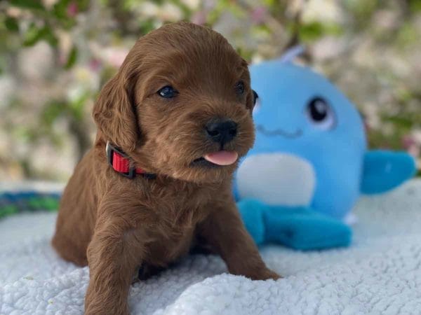 Micro GOLDENDOODLE PUPPIES, Micro Goldendoodle, Precious Doodle Dogs, Teacup Doodle Dogs, Goldendoodle, Doodle Dog, Golden Doodles, Goldendoodle for sale, Goldendoodle puppies for sale, Miniature goldendoodle, goldendoodle puppies, mini goldendoodle, mini puppies, mini goldendoodle size, Mini Doodle Dogs, f1 goldendoodle, golden retriever poodle, chocolate goldendoodle, small doodles, goldendoodle temperament, goldendoodle colors, goldendoodle price, white goldendoodle, f2 goldendoodle, mini goldendoodle price, mini goldendoodle full grown, f1 mini goldendoodle, f1b goldendoodle, parti goldendoodle, goldendoodles near me, english goldendoodle, australian goldendoodle, red goldendoodle, doodle breeds, brown goldendoodle, goldendoodle cost, adult mini goldendoodle, golden noodle dog, doodle dog breeds, miniature golden doodle, miniature puppies, golden retriever poodle mix, A Star is Born, A star is born goldendoodle, a star is born dog, Bradley Cooper's Dog, Bradley Cooper Dog, Bradley Cooper's Goldendoodle, arizona goldendoodles, goldendoodle training, goldendoodle size, how big do mini goldendoodles get, goldendoodle full grown, baby goldendoodle, goldendoodle houston, golden doodles for sale, adult goldendoodle, apricot goldendoodle, goldendoodle grooming, mini golden doodles, goldendoodle shedding, f2b goldendoodle, goldendoodle hypoallergenic, goldendoodle names, english cream goldendoodle, golden retriever and poodle mix, mini goldendoodle puppies, micro goldendoodle, mini goldendoodle puppies for sale, miniature goldendoodle for sale, goldendoodle puppies for adoption, teddy bear goldendoodle, mini goldendoodle rescue, medium goldendoodle, black goldendoodle, mini goldendoodle for sale near me, goldendoodle puppies for sale near me, mini doodle, doodle puppies, mini goldendoodle for sale, goldendoodle breeders near me, miniature goldendoodle for sale near me, toy goldendoodle, petite goldendoodle, golden doodle dog, miniature goldendoodle puppies, mini goldendoodle puppies for sale near me, goldendoodles for sale near me, mini goldedoodle breeders, goldendoodle adoption, f1b mini goldendoodle, small goldendoodle, teacup goldendoodle, goldendoodle puppies near me, goldendoodle breeders, how to groom a goldendoodle, great doodle puppies, golden doodle mix, goldendoodle tampa, goldendoodle facts, white doodle dog, white goldendoodle puppy, mini goldendoodle maryland, country mini doodles, goldendoodle los angeles, toy labradoodle puppies for sale, types of goldendoodles, mini golden retriever puppies, golden goldendoodle, mini golden retriever puppies for sale, miniature australian goldendoodle, goldendoodle sacramento, goldendoodle omaha, labradoodle goldendoodle, f1 medium goldendoodle, BEST goldendoodles, pictures of mini goldendoodles, teacup goldendoodle full grown, micro mini goldendoodle full grown, toy goldendoodle price, goldendoodle chicago, retriever doodle, teacup goldendoodle puppies for sale, cute goldendoodle, mini teddy bear puppies, miniature goldendoodle full grown, f2 mini goldendoodle, goldendoodle spokane, mini goldendoodle chicago, micro mini goldendoodle, how nbig do miniature goldendoodles get, brown mini goldendoodle, mini doodle breeds, poodle doodle dog, what is a mini goldendoodle, black mini goldendoodle, mini irish doodle puppies for sale, f1b goldendoodle size, toy golden doodles, chocolate brown goldendoodle puppies for sale, petite goldendoodle full grown, goldendoodle behavior, american goldendoodle, f1b medium goldendoodle, goldendoodle puppy cost, cute goldendoodle puppies, goldendoodle indianapolis, teddy goldendoodle, mini goldendoodle weight, teddy bear golden doodles, f1b goldendoodle puppies for sale, miniature goldendoodle size, chocolate goldendoodle puppy, english cream mini goldendoodle, doodle puppies near me, red miniature goldendoodle, cream goldendoodle, goldendoodle puppy cut, mini goldendoodle hypoallergenic, dog breed goldendoodle, goldendoodle poodle mixes, goldendoodle allergies, goldendoodle info, sandy ridge goldendoodles, lakeshore goldendoodles, toy goldendoodle puppies for sale, labradoodle and goldendoodle, goldendoodle las vegas, goldendoodle phoenix, doodle breeders near me, miniature goldendoodle weight, black and white goldendoodle, sarasota goldendoodles, mini goldendoodle dallas, a goldendoodle, what is a goldendoodle, goldendoodle dallas, mini golden doodles for sale, ginger doodle puppy, how much does a mini goldendoodle cost, goldendoodle san antonio, goldendoodle photos, goldendoodle cuts, chocolate mini goldendoodle, all about goldendoodles, goldendoodle cincinnati, black doodle dog, goldendoodle weight, miniature goldendoodle breeders, goldendoodle information, miniature goldendoodle puppies for sale, doodle puppies for sale near me, black labradoodle puppies for sale, goldendoodle seattle, golden doodles near me, teacup goldendoodle for sale, golden retriever poodle puppy, goldendoodle rochester ny, goldendoodle and poodle mix, akc goldendoodle, goldendoodle kansas city, mini goldendoodle facts, goldendoodle austin, goldendoodle doodle, goldendoodle tulsa, curly goldendoodle, brown goldendoodle puppies, f1b labradoodle puppies for sale, red mini goldendoodle, goldendoodle poodle, chocolate goldendoodle for sale, tiny goldendoodle, goldendoodle puppies breeders, english goldendoodle puppies for sale, mini golden labradoodle, f1b mini teddy bear goldendoodles, red goldendoodle puppies for sale, miniature golden retriever breeders, f1 goldendoodles for sale, teacup goldendoodle puppies, toy mini goldendoodle, xs petite goldendoodle, f2 goldendoodle puppies for sale, mini goldendoodle cost, black goldendoodle for sale, english teddy bear goldendoodle, small doodle dogs, goldendoodle nashville, english goldendoodle puppies, golden retriever poodle mix for sale, red goldendoodle puppy, parti goldendoodles for sale, english cream goldendoodles for sale, doodle puppies for sale, golden retriever poodle mix puppies, goldendoodle tucson, f1b mini goldendoodle puppies for sale, mini goldendoodle breeders northeast, teddy bear goldendoodle, toy goldendoodle rescue, petite mini goldendoodle, goldendoodle stuff, mini goldendoodles near me, teddy bear goldendoodle puppies, f1 goldendoodle puppies, teddy bear goldendoodles for sale, silver goldendoodle, buy goldendoodle, mini golden doodle dog, teddy bear goldendoodles mini, micro mini goldendoodle puppies for sale, goldendoodle dogs for sale, best goldendoodle breeders, chocolate goldendoodle puppies for sale, doodle dogs for sale, toy goldendoodle puppies, mini doodle dog, toy goldendoodle breeders, doodles for sale, goldendoodle hypoallergenic dog, mini goldendoodle breeders near me, english goldendoodle breeders, f1b mini goldendoodle for sale, teacup goldendoodle price, petite goldendoodle for sale, mini english goldendoodle, mini goldendoodle info, miniature goldendoodle puppies for sale near me, black goldendoodle puppies for sale, f1 goldendoodle puppies for sale, Micro Goldendoodles AL, Micro Goldendoodles AK, Micro Goldendoodles AZ, Micro Goldendoodles AR, Micro Goldendoodles CA, Micro Goldendoodles CO, Micro Goldendoodles CT, Micro Goldendoodles DE, Micro Goldendoodles FL, Micro Goldendoodles GA, Micro Goldendoodles HI, Micro Goldendoodles ID, Micro Goldendoodles IL, Micro Goldendoodles IN, Micro Goldendoodles IA, Micro Goldendoodles KS, Micro Goldendoodles KY, Micro Goldendoodles LA, Micro Goldendoodles ME, Micro Goldendoodles MD, Micro Goldendoodles MA, Micro Goldendoodles MI, Micro Goldendoodles MN, Micro Goldendoodles MS, Micro Goldendoodles MO, Micro Goldendoodles MT, Micro Goldendoodles NE, Micro Goldendoodles NV, Micro Goldendoodles NH, Micro Goldendoodles NJ, Micro Goldendoodles NM, Micro Goldendoodles NY, Micro Goldendoodles NC, Micro Goldendoodles ND, Micro Goldendoodles OH, Micro Goldendoodles OK, Micro Goldendoodles OR, Micro Goldendoodles PA, Micro Goldendoodles RI, Micro Goldendoodles SC, Micro Goldendoodles SD, Micro Goldendoodles TN, Micro Goldendoodles TX, Micro Goldendoodles UT, Micro Goldendoodles VT, Micro Goldendoodles VA, Micro Goldendoodles WA, Micro Goldendoodles WV, Micro Goldendoodles WI, Micro Goldendoodles WY, Micro Golden Doodles AL, Micro Golden Doodles AK, Micro Golden Doodles AZ, Micro Golden Doodles AR, Micro Golden Doodles CA, Micro Golden Doodles CO, Micro Golden Doodles CT, Micro Golden Doodles DE, Micro Golden Doodles FL, Micro Golden Doodles GA, Micro Golden Doodles HI, Micro Golden Doodles ID, Micro Golden Doodles IL, Micro Golden Doodles IN, Micro Golden Doodles IA, Micro Golden Doodles KS, Micro Golden Doodles KY, Micro Golden Doodles LA, Micro Golden Doodles ME, Micro Golden Doodles MD, Micro Golden Doodles MA, Micro Golden Doodles MI, Micro Golden Doodles MN, Micro Golden Doodles MS, Micro Golden Doodles MO, Micro Golden Doodles MT, Micro Golden Doodles NE, Micro Golden Doodles NV, Micro Golden Doodles NH, Micro Golden Doodles NJ, Micro Golden Doodles NM, Micro Golden Doodles NY, Micro Golden Doodles NC, Micro Golden Doodles ND, Micro Golden Doodles OH, Micro Golden Doodles OK, Micro Golden Doodles OR, Micro Golden Doodles PA, Micro Golden Doodles RI, Micro Golden Doodles SC, Micro Golden Doodles SD, Micro Golden Doodles TN, Micro Golden Doodles TX, Micro Golden Doodles UT, Micro Golden Doodles VT, Micro Golden Doodles VA, Micro Golden Doodles WA, Micro Golden Doodles WV, Micro Golden Doodles WI, Micro Golden Doodles WY, Micro Goldendoodle Alabama, Micro Goldendoodle Alaska, Micro Goldendoodle Arizona, Micro Goldendoodle Arkansas, Micro Goldendoodle California, Micro Goldendoodle Colorado, Micro Goldendoodle Connecticut, Micro Goldendoodle Delaware, Micro Goldendoodle Florida, Micro Goldendoodle Georgia, Micro Goldendoodle Hawaii, Micro Goldendoodle Idaho, Micro Goldendoodle Illinois, Micro Goldendoodle Indiana, Micro Goldendoodle Iowa, Micro Goldendoodle Kansas, Micro Goldendoodle Kentucky, Micro Goldendoodle Louisiana, Micro Goldendoodle Maine, Micro Goldendoodle Maryland, Micro Goldendoodle Massachusetts, Micro Goldendoodle Michigan, Micro Goldendoodle Minnesota, Micro Goldendoodle Mississippi, Micro Goldendoodle Missouri, Micro Goldendoodle Montana, Micro Goldendoodle Nebraska, Micro Goldendoodle Nevada, Micro Goldendoodle New Hampshire, Micro Goldendoodle New Jersey, Micro Goldendoodle New Mexico, Micro Goldendoodle New York, Micro Goldendoodle North Carolina, Micro Goldendoodle North Dakota, Micro Goldendoodle Ohio, Micro Goldendoodle Oklahoma, Micro Goldendoodle Oregon, Micro Goldendoodle Pennsylvania, Micro Goldendoodle Rhode Island, Micro Goldendoodle South Carolina, Micro Goldendoodle South Dakota, Micro Goldendoodle Tennessee, Micro Goldendoodle Texas, Micro Goldendoodle Utah, Micro Goldendoodle Vermont, Micro Goldendoodle Virginia, Micro Goldendoodle Washington, Micro Goldendoodle West Virginia, Micro Goldendoodle Wisconsin, Micro Goldendoodle Wyoming, Micro Goldendoodle breeders AL, Micro Goldendoodle breeders AK, Micro Goldendoodle breeders AZ, Micro Goldendoodle breeders AR, Micro Goldendoodle breeders CA, Micro Goldendoodle breeders CO, Micro Goldendoodle breeders CT, Micro Goldendoodle breeders DE, Micro Goldendoodle breeders FL, Micro Goldendoodle breeders GA, Micro Goldendoodle breeders HI, Micro Goldendoodle breeders ID, Micro Goldendoodle breeders IL, Micro Goldendoodle breeders IN, Micro Goldendoodle breeders IA, Micro Goldendoodle breeders KS, Micro Goldendoodle breeders KY, Micro Goldendoodle breeders LA, Micro Goldendoodle breeders ME, Micro Goldendoodle breeders MD, Micro Goldendoodle breeders MA, Micro Goldendoodle breeders MI, Micro Goldendoodle breeders MN, Micro Goldendoodle breeders MS, Micro Goldendoodle breeders MO, Micro Goldendoodle breeders MT, Micro Goldendoodle breeders NE, Micro Goldendoodle breeders NV, Micro Goldendoodle breeders NH, Micro Goldendoodle breeders NJ, Micro Goldendoodle breeders NM, Micro Goldendoodle breeders NY, Micro Goldendoodle breeders NC, Micro Goldendoodle breeders ND, Micro Goldendoodle breeders OH, Micro Goldendoodle breeders OK, Micro Goldendoodle breeders OR, Micro Goldendoodle breeders PA, Micro Goldendoodle breeders RI, Micro Goldendoodle breeders SC, Micro Goldendoodle breeders SD, Micro Goldendoodle breeders TN, Micro Goldendoodle breeders TX, Micro Goldendoodle breeders UT, Micro Goldendoodle breeders VT, Micro Goldendoodle breeders VA, Micro Goldendoodle breeders WA, Micro Goldendoodle breeders WV, Micro Goldendoodle breeders WI, Micro Goldendoodle breeders WY, Micro Golden doodle puppies for sale in AL, Micro Golden doodle puppies for sale in AK, Micro Golden doodle puppies for sale in AZ, Micro Golden doodle puppies for sale in AR, Micro Golden doodle puppies for sale in CA, Micro Golden doodle puppies for sale in CO, Micro Golden doodle puppies for sale in CT, Micro Golden doodle puppies for sale in DE, Micro Golden doodle puppies for sale in FL, Micro Golden doodle puppies for sale in GA, Micro Golden doodle puppies for sale in HI, Micro Golden doodle puppies for sale in ID, Micro Golden doodle puppies for sale in IL, Micro Golden doodle puppies for sale in IN, Micro Golden doodle puppies for sale in IA, Micro Golden doodle puppies for sale in KS, Micro Golden doodle puppies for sale in KY, Micro Golden doodle puppies for sale in LA, Micro Golden doodle puppies for sale in ME, Micro Golden doodle puppies for sale in MD, Micro Golden doodle puppies for sale in MA, Micro Golden doodle puppies for sale in MI, Micro Golden doodle puppies for sale in MN, Micro Golden doodle puppies for sale in MS, Micro Golden doodle puppies for sale in MO, Micro Golden doodle puppies for sale in MT, Micro Golden doodle puppies for sale in NE, Micro Golden doodle puppies for sale in NV, Micro Golden doodle puppies for sale in NH, Micro Golden doodle puppies for sale in NJ, Micro Golden doodle puppies for sale in NM, Micro Golden doodle puppies for sale in NY, Micro Golden doodle puppies for sale in NC, Micro Golden doodle puppies for sale in ND, Micro Golden doodle puppies for sale in OH, Micro Golden doodle puppies for sale in OK, Micro Golden doodle puppies for sale in OR, Micro Golden doodle puppies for sale in PA, Micro Golden doodle puppies for sale in RI, Micro Golden doodle puppies for sale in SC, Micro Golden doodle puppies for sale in SD, Micro Golden doodle puppies for sale in TN, Micro Golden doodle puppies for sale in TX, Micro Golden doodle puppies for sale in UT, Micro Golden doodle puppies for sale in VT, Micro Golden doodle puppies for sale in VA, Micro Golden doodle puppies for sale in WA, Micro Golden doodle puppies for sale in WV, Micro Golden doodle puppies for sale in WI, Micro Golden doodle puppies for sale in WY, Micro Goldendoodles for sale in AL, Micro Goldendoodles for sale in AK, Micro Goldendoodles for sale in AZ, Micro Goldendoodles for sale in AR, Micro Goldendoodles for sale in CA, Micro Goldendoodles for sale in CO, Micro Goldendoodles for sale in CT, Micro Goldendoodles for sale in DE, Micro Goldendoodles for sale in FL, Micro Goldendoodles for sale in GA, Micro Goldendoodles for sale in HI, Micro Goldendoodles for sale in ID, Micro Goldendoodles for sale in IL, Micro Goldendoodles for sale in IN, Micro Goldendoodles for sale in IA, Micro Goldendoodles for sale in KS, Micro Goldendoodles for sale in KY, Micro Goldendoodles for sale in LA, Micro Goldendoodles for sale in ME, Micro Goldendoodles for sale in MD, Micro Goldendoodles for sale in MA, Micro Goldendoodles for sale in MI, Micro Goldendoodles for sale in MN, Micro Goldendoodles for sale in MS, Micro Goldendoodles for sale in MO, Micro Goldendoodles for sale in MT, Micro Goldendoodles for sale in NE, Micro Goldendoodles for sale in NV, Micro Goldendoodles for sale in NH, Micro Goldendoodles for sale in NJ, Micro Goldendoodles for sale in NM, Micro Goldendoodles for sale in NY, Micro Goldendoodles for sale in NC, Micro Goldendoodles for sale in ND, Micro Goldendoodles for sale in OH, Micro Goldendoodles for sale in OK, Micro Goldendoodles for sale in OR, Micro Goldendoodles for sale in PA, Micro Goldendoodles for sale in RI, Micro Goldendoodles for sale in SC, Micro Goldendoodles for sale in SD, Micro Goldendoodles for sale in TN, Micro Goldendoodles for sale in TX, Micro Goldendoodles for sale in UT, Micro Goldendoodles for sale in VT, Micro Goldendoodles for sale in VA, Micro Goldendoodles for sale in WA, Micro Goldendoodles for sale in WV, Micro Goldendoodles for sale in WI, Micro Goldendoodles for sale in WY, Micro Golden doodles Alabama, Micro Golden doodles Alaska, Micro Golden doodles Arizona, Micro Golden doodles Arkansas, Micro Golden doodles California, Micro Golden doodles Colorado, Micro Golden doodles Connecticut, Micro Golden doodles Delaware, Micro Golden doodles Florida, Micro Golden doodles Georgia, Micro Golden doodles Hawaii, Micro Golden doodles Idaho, Micro Golden doodles Illinois, Micro Golden doodles Indiana, Micro Golden doodles Iowa, Micro Golden doodles Kansas, Micro Golden doodles Kentucky, Micro Golden doodles Louisiana, Micro Golden doodles Maine, Micro Golden doodles Maryland, Micro Golden doodles Massachusetts, Micro Golden doodles Michigan, Micro Golden doodles Minnesota, Micro Golden doodles Mississippi, Micro Golden doodles Missouri, Micro Golden doodles Montana, Micro Golden doodles Nebraska, Micro Golden doodles Nevada, Micro Golden doodles New Hampshire, Micro Golden doodles New Jersey, Micro Golden doodles New Mexico, Micro Golden doodles New York, Micro Golden doodles North Carolina, Micro Golden doodles North Dakota, Micro Golden doodles Ohio, Micro Golden doodles Oklahoma, Micro Golden doodles Oregon, Micro Golden doodles Pennsylvania, Micro Golden doodles Rhode Island, Micro Golden doodles South Carolina, Micro Golden doodles South Dakota, Micro Golden doodles Tennessee, Micro Golden doodles Texas, Micro Golden doodles Utah, Micro Golden doodles Vermont, Micro Golden doodles Virginia, Micro Golden doodles Washington, Micro Golden doodles West Virginia, Micro Golden doodles Wisconsin, Micro Golden doodles Wyoming, Golden doodle Breeders AL, Golden doodle Breeders AK, Golden doodle Breeders AZ, Golden doodle Breeders AR, Golden doodle Breeders CA, Golden doodle Breeders CO, Golden doodle Breeders CT, Golden doodle Breeders DE, Golden doodle Breeders FL, Golden doodle Breeders GA, Golden doodle Breeders HI, Golden doodle Breeders ID, Golden doodle Breeders IL, Golden doodle Breeders IN, Golden doodle Breeders IA, Golden doodle Breeders KS, Golden doodle Breeders KY, Golden doodle Breeders LA, Golden doodle Breeders ME, Golden doodle Breeders MD, Golden doodle Breeders MA, Golden doodle Breeders MI, Golden doodle Breeders MN, Golden doodle Breeders MS, Golden doodle Breeders MO, Golden doodle Breeders MT, Golden doodle Breeders NE, Golden doodle Breeders NV, Golden doodle Breeders NH, Golden doodle Breeders NJ, Golden doodle Breeders NM, Golden doodle Breeders NY, Golden doodle Breeders NC, Golden doodle Breeders ND, Golden doodle Breeders OH, Golden doodle Breeders OK, Golden doodle Breeders OR, Golden doodle Breeders PA, Golden doodle Breeders RI, Golden doodle Breeders SC, Golden doodle Breeders SD, Golden doodle Breeders TN, Golden doodle Breeders TX, Golden doodle Breeders UT, Golden doodle Breeders VT, Golden doodle Breeders VA, Golden doodle Breeders WA, Golden doodle Breeders WV, Golden doodle Breeders WI, Golden doodle Breeders WY, Micro Golden doodles for sale in AL, Micro Golden doodles for sale in AK, Micro Golden doodles for sale in AZ, Micro Golden doodles for sale in AR, Micro Golden doodles for sale in CA, Micro Golden doodles for sale in CO, Micro Golden doodles for sale in CT, Micro Golden doodles for sale in DE, Micro Golden doodles for sale in FL, Micro Golden doodles for sale in GA, Micro Golden doodles for sale in HI, Micro Golden doodles for sale in ID, Micro Golden doodles for sale in IL, Micro Golden doodles for sale in IN, Micro Golden doodles for sale in IA, Micro Golden doodles for sale in KS, Micro Golden doodles for sale in KY, Micro Golden doodles for sale in LA, Micro Golden doodles for sale in ME, Micro Golden doodles for sale in MD, Micro Golden doodles for sale in MA, Micro Golden doodles for sale in MI, Micro Golden doodles for sale in MN, Micro Golden doodles for sale in MS, Micro Golden doodles for sale in MO, Micro Golden doodles for sale in MT, Micro Golden doodles for sale in NE, Micro Golden doodles for sale in NV, Micro Golden doodles for sale in NH, Micro Golden doodles for sale in NJ, Micro Golden doodles for sale in NM, Micro Golden doodles for sale in NY, Micro Golden doodles for sale in NC, Micro Golden doodles for sale in ND, Micro Golden doodles for sale in OH, Micro Golden doodles for sale in OK, Micro Golden doodles for sale in OR, Micro Golden doodles for sale in PA, Micro Golden doodles for sale in RI, Micro Golden doodles for sale in SC, Micro Golden doodles for sale in SD, Micro Golden doodles for sale in TN, Micro Golden doodles for sale in TX, Micro Golden doodles for sale in UT, Micro Golden doodles for sale in VT, Micro Golden doodles for sale in VA, Micro Golden doodles for sale in WA, Micro Golden doodles for sale in WV, Micro Golden doodles for sale in WI, Micro Golden doodles for sale in WY,