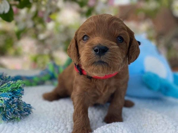 Micro GOLDENDOODLE PUPPIES, Micro Goldendoodle, Precious Doodle Dogs, Teacup Doodle Dogs, Goldendoodle, Doodle Dog, Golden Doodles, Goldendoodle for sale, Goldendoodle puppies for sale, Miniature goldendoodle, goldendoodle puppies, mini goldendoodle, mini puppies, mini goldendoodle size, Mini Doodle Dogs, f1 goldendoodle, golden retriever poodle, chocolate goldendoodle, small doodles, goldendoodle temperament, goldendoodle colors, goldendoodle price, white goldendoodle, f2 goldendoodle, mini goldendoodle price, mini goldendoodle full grown, f1 mini goldendoodle, f1b goldendoodle, parti goldendoodle, goldendoodles near me, english goldendoodle, australian goldendoodle, red goldendoodle, doodle breeds, brown goldendoodle, goldendoodle cost, adult mini goldendoodle, golden noodle dog, doodle dog breeds, miniature golden doodle, miniature puppies, golden retriever poodle mix, A Star is Born, A star is born goldendoodle, a star is born dog, Bradley Cooper's Dog, Bradley Cooper Dog, Bradley Cooper's Goldendoodle, arizona goldendoodles, goldendoodle training, goldendoodle size, how big do mini goldendoodles get, goldendoodle full grown, baby goldendoodle, goldendoodle houston, golden doodles for sale, adult goldendoodle, apricot goldendoodle, goldendoodle grooming, mini golden doodles, goldendoodle shedding, f2b goldendoodle, goldendoodle hypoallergenic, goldendoodle names, english cream goldendoodle, golden retriever and poodle mix, mini goldendoodle puppies, micro goldendoodle, mini goldendoodle puppies for sale, miniature goldendoodle for sale, goldendoodle puppies for adoption, teddy bear goldendoodle, mini goldendoodle rescue, medium goldendoodle, black goldendoodle, mini goldendoodle for sale near me, goldendoodle puppies for sale near me, mini doodle, doodle puppies, mini goldendoodle for sale, goldendoodle breeders near me, miniature goldendoodle for sale near me, toy goldendoodle, petite goldendoodle, golden doodle dog, miniature goldendoodle puppies, mini goldendoodle puppies for sale near me, goldendoodles for sale near me, mini goldedoodle breeders, goldendoodle adoption, f1b mini goldendoodle, small goldendoodle, teacup goldendoodle, goldendoodle puppies near me, goldendoodle breeders, how to groom a goldendoodle, great doodle puppies, golden doodle mix, goldendoodle tampa, goldendoodle facts, white doodle dog, white goldendoodle puppy, mini goldendoodle maryland, country mini doodles, goldendoodle los angeles, toy labradoodle puppies for sale, types of goldendoodles, mini golden retriever puppies, golden goldendoodle, mini golden retriever puppies for sale, miniature australian goldendoodle, goldendoodle sacramento, goldendoodle omaha, labradoodle goldendoodle, f1 medium goldendoodle, BEST goldendoodles, pictures of mini goldendoodles, teacup goldendoodle full grown, micro mini goldendoodle full grown, toy goldendoodle price, goldendoodle chicago, retriever doodle, teacup goldendoodle puppies for sale, cute goldendoodle, mini teddy bear puppies, miniature goldendoodle full grown, f2 mini goldendoodle, goldendoodle spokane, mini goldendoodle chicago, micro mini goldendoodle, how nbig do miniature goldendoodles get, brown mini goldendoodle, mini doodle breeds, poodle doodle dog, what is a mini goldendoodle, black mini goldendoodle, mini irish doodle puppies for sale, f1b goldendoodle size, toy golden doodles, chocolate brown goldendoodle puppies for sale, petite goldendoodle full grown, goldendoodle behavior, american goldendoodle, f1b medium goldendoodle, goldendoodle puppy cost, cute goldendoodle puppies, goldendoodle indianapolis, teddy goldendoodle, mini goldendoodle weight, teddy bear golden doodles, f1b goldendoodle puppies for sale, miniature goldendoodle size, chocolate goldendoodle puppy, english cream mini goldendoodle, doodle puppies near me, red miniature goldendoodle, cream goldendoodle, goldendoodle puppy cut, mini goldendoodle hypoallergenic, dog breed goldendoodle, goldendoodle poodle mixes, goldendoodle allergies, goldendoodle info, sandy ridge goldendoodles, lakeshore goldendoodles, toy goldendoodle puppies for sale, labradoodle and goldendoodle, goldendoodle las vegas, goldendoodle phoenix, doodle breeders near me, miniature goldendoodle weight, black and white goldendoodle, sarasota goldendoodles, mini goldendoodle dallas, a goldendoodle, what is a goldendoodle, goldendoodle dallas, mini golden doodles for sale, ginger doodle puppy, how much does a mini goldendoodle cost, goldendoodle san antonio, goldendoodle photos, goldendoodle cuts, chocolate mini goldendoodle, all about goldendoodles, goldendoodle cincinnati, black doodle dog, goldendoodle weight, miniature goldendoodle breeders, goldendoodle information, miniature goldendoodle puppies for sale, doodle puppies for sale near me, black labradoodle puppies for sale, goldendoodle seattle, golden doodles near me, teacup goldendoodle for sale, golden retriever poodle puppy, goldendoodle rochester ny, goldendoodle and poodle mix, akc goldendoodle, goldendoodle kansas city, mini goldendoodle facts, goldendoodle austin, goldendoodle doodle, goldendoodle tulsa, curly goldendoodle, brown goldendoodle puppies, f1b labradoodle puppies for sale, red mini goldendoodle, goldendoodle poodle, chocolate goldendoodle for sale, tiny goldendoodle, goldendoodle puppies breeders, english goldendoodle puppies for sale, mini golden labradoodle, f1b mini teddy bear goldendoodles, red goldendoodle puppies for sale, miniature golden retriever breeders, f1 goldendoodles for sale, teacup goldendoodle puppies, toy mini goldendoodle, xs petite goldendoodle, f2 goldendoodle puppies for sale, mini goldendoodle cost, black goldendoodle for sale, english teddy bear goldendoodle, small doodle dogs, goldendoodle nashville, english goldendoodle puppies, golden retriever poodle mix for sale, red goldendoodle puppy, parti goldendoodles for sale, english cream goldendoodles for sale, doodle puppies for sale, golden retriever poodle mix puppies, goldendoodle tucson, f1b mini goldendoodle puppies for sale, mini goldendoodle breeders northeast, teddy bear goldendoodle, toy goldendoodle rescue, petite mini goldendoodle, goldendoodle stuff, mini goldendoodles near me, teddy bear goldendoodle puppies, f1 goldendoodle puppies, teddy bear goldendoodles for sale, silver goldendoodle, buy goldendoodle, mini golden doodle dog, teddy bear goldendoodles mini, micro mini goldendoodle puppies for sale, goldendoodle dogs for sale, best goldendoodle breeders, chocolate goldendoodle puppies for sale, doodle dogs for sale, toy goldendoodle puppies, mini doodle dog, toy goldendoodle breeders, doodles for sale, goldendoodle hypoallergenic dog, mini goldendoodle breeders near me, english goldendoodle breeders, f1b mini goldendoodle for sale, teacup goldendoodle price, petite goldendoodle for sale, mini english goldendoodle, mini goldendoodle info, miniature goldendoodle puppies for sale near me, black goldendoodle puppies for sale, f1 goldendoodle puppies for sale, Micro Goldendoodles AL, Micro Goldendoodles AK, Micro Goldendoodles AZ, Micro Goldendoodles AR, Micro Goldendoodles CA, Micro Goldendoodles CO, Micro Goldendoodles CT, Micro Goldendoodles DE, Micro Goldendoodles FL, Micro Goldendoodles GA, Micro Goldendoodles HI, Micro Goldendoodles ID, Micro Goldendoodles IL, Micro Goldendoodles IN, Micro Goldendoodles IA, Micro Goldendoodles KS, Micro Goldendoodles KY, Micro Goldendoodles LA, Micro Goldendoodles ME, Micro Goldendoodles MD, Micro Goldendoodles MA, Micro Goldendoodles MI, Micro Goldendoodles MN, Micro Goldendoodles MS, Micro Goldendoodles MO, Micro Goldendoodles MT, Micro Goldendoodles NE, Micro Goldendoodles NV, Micro Goldendoodles NH, Micro Goldendoodles NJ, Micro Goldendoodles NM, Micro Goldendoodles NY, Micro Goldendoodles NC, Micro Goldendoodles ND, Micro Goldendoodles OH, Micro Goldendoodles OK, Micro Goldendoodles OR, Micro Goldendoodles PA, Micro Goldendoodles RI, Micro Goldendoodles SC, Micro Goldendoodles SD, Micro Goldendoodles TN, Micro Goldendoodles TX, Micro Goldendoodles UT, Micro Goldendoodles VT, Micro Goldendoodles VA, Micro Goldendoodles WA, Micro Goldendoodles WV, Micro Goldendoodles WI, Micro Goldendoodles WY, Micro Golden Doodles AL, Micro Golden Doodles AK, Micro Golden Doodles AZ, Micro Golden Doodles AR, Micro Golden Doodles CA, Micro Golden Doodles CO, Micro Golden Doodles CT, Micro Golden Doodles DE, Micro Golden Doodles FL, Micro Golden Doodles GA, Micro Golden Doodles HI, Micro Golden Doodles ID, Micro Golden Doodles IL, Micro Golden Doodles IN, Micro Golden Doodles IA, Micro Golden Doodles KS, Micro Golden Doodles KY, Micro Golden Doodles LA, Micro Golden Doodles ME, Micro Golden Doodles MD, Micro Golden Doodles MA, Micro Golden Doodles MI, Micro Golden Doodles MN, Micro Golden Doodles MS, Micro Golden Doodles MO, Micro Golden Doodles MT, Micro Golden Doodles NE, Micro Golden Doodles NV, Micro Golden Doodles NH, Micro Golden Doodles NJ, Micro Golden Doodles NM, Micro Golden Doodles NY, Micro Golden Doodles NC, Micro Golden Doodles ND, Micro Golden Doodles OH, Micro Golden Doodles OK, Micro Golden Doodles OR, Micro Golden Doodles PA, Micro Golden Doodles RI, Micro Golden Doodles SC, Micro Golden Doodles SD, Micro Golden Doodles TN, Micro Golden Doodles TX, Micro Golden Doodles UT, Micro Golden Doodles VT, Micro Golden Doodles VA, Micro Golden Doodles WA, Micro Golden Doodles WV, Micro Golden Doodles WI, Micro Golden Doodles WY, Micro Goldendoodle Alabama, Micro Goldendoodle Alaska, Micro Goldendoodle Arizona, Micro Goldendoodle Arkansas, Micro Goldendoodle California, Micro Goldendoodle Colorado, Micro Goldendoodle Connecticut, Micro Goldendoodle Delaware, Micro Goldendoodle Florida, Micro Goldendoodle Georgia, Micro Goldendoodle Hawaii, Micro Goldendoodle Idaho, Micro Goldendoodle Illinois, Micro Goldendoodle Indiana, Micro Goldendoodle Iowa, Micro Goldendoodle Kansas, Micro Goldendoodle Kentucky, Micro Goldendoodle Louisiana, Micro Goldendoodle Maine, Micro Goldendoodle Maryland, Micro Goldendoodle Massachusetts, Micro Goldendoodle Michigan, Micro Goldendoodle Minnesota, Micro Goldendoodle Mississippi, Micro Goldendoodle Missouri, Micro Goldendoodle Montana, Micro Goldendoodle Nebraska, Micro Goldendoodle Nevada, Micro Goldendoodle New Hampshire, Micro Goldendoodle New Jersey, Micro Goldendoodle New Mexico, Micro Goldendoodle New York, Micro Goldendoodle North Carolina, Micro Goldendoodle North Dakota, Micro Goldendoodle Ohio, Micro Goldendoodle Oklahoma, Micro Goldendoodle Oregon, Micro Goldendoodle Pennsylvania, Micro Goldendoodle Rhode Island, Micro Goldendoodle South Carolina, Micro Goldendoodle South Dakota, Micro Goldendoodle Tennessee, Micro Goldendoodle Texas, Micro Goldendoodle Utah, Micro Goldendoodle Vermont, Micro Goldendoodle Virginia, Micro Goldendoodle Washington, Micro Goldendoodle West Virginia, Micro Goldendoodle Wisconsin, Micro Goldendoodle Wyoming, Micro Goldendoodle breeders AL, Micro Goldendoodle breeders AK, Micro Goldendoodle breeders AZ, Micro Goldendoodle breeders AR, Micro Goldendoodle breeders CA, Micro Goldendoodle breeders CO, Micro Goldendoodle breeders CT, Micro Goldendoodle breeders DE, Micro Goldendoodle breeders FL, Micro Goldendoodle breeders GA, Micro Goldendoodle breeders HI, Micro Goldendoodle breeders ID, Micro Goldendoodle breeders IL, Micro Goldendoodle breeders IN, Micro Goldendoodle breeders IA, Micro Goldendoodle breeders KS, Micro Goldendoodle breeders KY, Micro Goldendoodle breeders LA, Micro Goldendoodle breeders ME, Micro Goldendoodle breeders MD, Micro Goldendoodle breeders MA, Micro Goldendoodle breeders MI, Micro Goldendoodle breeders MN, Micro Goldendoodle breeders MS, Micro Goldendoodle breeders MO, Micro Goldendoodle breeders MT, Micro Goldendoodle breeders NE, Micro Goldendoodle breeders NV, Micro Goldendoodle breeders NH, Micro Goldendoodle breeders NJ, Micro Goldendoodle breeders NM, Micro Goldendoodle breeders NY, Micro Goldendoodle breeders NC, Micro Goldendoodle breeders ND, Micro Goldendoodle breeders OH, Micro Goldendoodle breeders OK, Micro Goldendoodle breeders OR, Micro Goldendoodle breeders PA, Micro Goldendoodle breeders RI, Micro Goldendoodle breeders SC, Micro Goldendoodle breeders SD, Micro Goldendoodle breeders TN, Micro Goldendoodle breeders TX, Micro Goldendoodle breeders UT, Micro Goldendoodle breeders VT, Micro Goldendoodle breeders VA, Micro Goldendoodle breeders WA, Micro Goldendoodle breeders WV, Micro Goldendoodle breeders WI, Micro Goldendoodle breeders WY, Micro Golden doodle puppies for sale in AL, Micro Golden doodle puppies for sale in AK, Micro Golden doodle puppies for sale in AZ, Micro Golden doodle puppies for sale in AR, Micro Golden doodle puppies for sale in CA, Micro Golden doodle puppies for sale in CO, Micro Golden doodle puppies for sale in CT, Micro Golden doodle puppies for sale in DE, Micro Golden doodle puppies for sale in FL, Micro Golden doodle puppies for sale in GA, Micro Golden doodle puppies for sale in HI, Micro Golden doodle puppies for sale in ID, Micro Golden doodle puppies for sale in IL, Micro Golden doodle puppies for sale in IN, Micro Golden doodle puppies for sale in IA, Micro Golden doodle puppies for sale in KS, Micro Golden doodle puppies for sale in KY, Micro Golden doodle puppies for sale in LA, Micro Golden doodle puppies for sale in ME, Micro Golden doodle puppies for sale in MD, Micro Golden doodle puppies for sale in MA, Micro Golden doodle puppies for sale in MI, Micro Golden doodle puppies for sale in MN, Micro Golden doodle puppies for sale in MS, Micro Golden doodle puppies for sale in MO, Micro Golden doodle puppies for sale in MT, Micro Golden doodle puppies for sale in NE, Micro Golden doodle puppies for sale in NV, Micro Golden doodle puppies for sale in NH, Micro Golden doodle puppies for sale in NJ, Micro Golden doodle puppies for sale in NM, Micro Golden doodle puppies for sale in NY, Micro Golden doodle puppies for sale in NC, Micro Golden doodle puppies for sale in ND, Micro Golden doodle puppies for sale in OH, Micro Golden doodle puppies for sale in OK, Micro Golden doodle puppies for sale in OR, Micro Golden doodle puppies for sale in PA, Micro Golden doodle puppies for sale in RI, Micro Golden doodle puppies for sale in SC, Micro Golden doodle puppies for sale in SD, Micro Golden doodle puppies for sale in TN, Micro Golden doodle puppies for sale in TX, Micro Golden doodle puppies for sale in UT, Micro Golden doodle puppies for sale in VT, Micro Golden doodle puppies for sale in VA, Micro Golden doodle puppies for sale in WA, Micro Golden doodle puppies for sale in WV, Micro Golden doodle puppies for sale in WI, Micro Golden doodle puppies for sale in WY, Micro Goldendoodles for sale in AL, Micro Goldendoodles for sale in AK, Micro Goldendoodles for sale in AZ, Micro Goldendoodles for sale in AR, Micro Goldendoodles for sale in CA, Micro Goldendoodles for sale in CO, Micro Goldendoodles for sale in CT, Micro Goldendoodles for sale in DE, Micro Goldendoodles for sale in FL, Micro Goldendoodles for sale in GA, Micro Goldendoodles for sale in HI, Micro Goldendoodles for sale in ID, Micro Goldendoodles for sale in IL, Micro Goldendoodles for sale in IN, Micro Goldendoodles for sale in IA, Micro Goldendoodles for sale in KS, Micro Goldendoodles for sale in KY, Micro Goldendoodles for sale in LA, Micro Goldendoodles for sale in ME, Micro Goldendoodles for sale in MD, Micro Goldendoodles for sale in MA, Micro Goldendoodles for sale in MI, Micro Goldendoodles for sale in MN, Micro Goldendoodles for sale in MS, Micro Goldendoodles for sale in MO, Micro Goldendoodles for sale in MT, Micro Goldendoodles for sale in NE, Micro Goldendoodles for sale in NV, Micro Goldendoodles for sale in NH, Micro Goldendoodles for sale in NJ, Micro Goldendoodles for sale in NM, Micro Goldendoodles for sale in NY, Micro Goldendoodles for sale in NC, Micro Goldendoodles for sale in ND, Micro Goldendoodles for sale in OH, Micro Goldendoodles for sale in OK, Micro Goldendoodles for sale in OR, Micro Goldendoodles for sale in PA, Micro Goldendoodles for sale in RI, Micro Goldendoodles for sale in SC, Micro Goldendoodles for sale in SD, Micro Goldendoodles for sale in TN, Micro Goldendoodles for sale in TX, Micro Goldendoodles for sale in UT, Micro Goldendoodles for sale in VT, Micro Goldendoodles for sale in VA, Micro Goldendoodles for sale in WA, Micro Goldendoodles for sale in WV, Micro Goldendoodles for sale in WI, Micro Goldendoodles for sale in WY, Micro Golden doodles Alabama, Micro Golden doodles Alaska, Micro Golden doodles Arizona, Micro Golden doodles Arkansas, Micro Golden doodles California, Micro Golden doodles Colorado, Micro Golden doodles Connecticut, Micro Golden doodles Delaware, Micro Golden doodles Florida, Micro Golden doodles Georgia, Micro Golden doodles Hawaii, Micro Golden doodles Idaho, Micro Golden doodles Illinois, Micro Golden doodles Indiana, Micro Golden doodles Iowa, Micro Golden doodles Kansas, Micro Golden doodles Kentucky, Micro Golden doodles Louisiana, Micro Golden doodles Maine, Micro Golden doodles Maryland, Micro Golden doodles Massachusetts, Micro Golden doodles Michigan, Micro Golden doodles Minnesota, Micro Golden doodles Mississippi, Micro Golden doodles Missouri, Micro Golden doodles Montana, Micro Golden doodles Nebraska, Micro Golden doodles Nevada, Micro Golden doodles New Hampshire, Micro Golden doodles New Jersey, Micro Golden doodles New Mexico, Micro Golden doodles New York, Micro Golden doodles North Carolina, Micro Golden doodles North Dakota, Micro Golden doodles Ohio, Micro Golden doodles Oklahoma, Micro Golden doodles Oregon, Micro Golden doodles Pennsylvania, Micro Golden doodles Rhode Island, Micro Golden doodles South Carolina, Micro Golden doodles South Dakota, Micro Golden doodles Tennessee, Micro Golden doodles Texas, Micro Golden doodles Utah, Micro Golden doodles Vermont, Micro Golden doodles Virginia, Micro Golden doodles Washington, Micro Golden doodles West Virginia, Micro Golden doodles Wisconsin, Micro Golden doodles Wyoming, Golden doodle Breeders AL, Golden doodle Breeders AK, Golden doodle Breeders AZ, Golden doodle Breeders AR, Golden doodle Breeders CA, Golden doodle Breeders CO, Golden doodle Breeders CT, Golden doodle Breeders DE, Golden doodle Breeders FL, Golden doodle Breeders GA, Golden doodle Breeders HI, Golden doodle Breeders ID, Golden doodle Breeders IL, Golden doodle Breeders IN, Golden doodle Breeders IA, Golden doodle Breeders KS, Golden doodle Breeders KY, Golden doodle Breeders LA, Golden doodle Breeders ME, Golden doodle Breeders MD, Golden doodle Breeders MA, Golden doodle Breeders MI, Golden doodle Breeders MN, Golden doodle Breeders MS, Golden doodle Breeders MO, Golden doodle Breeders MT, Golden doodle Breeders NE, Golden doodle Breeders NV, Golden doodle Breeders NH, Golden doodle Breeders NJ, Golden doodle Breeders NM, Golden doodle Breeders NY, Golden doodle Breeders NC, Golden doodle Breeders ND, Golden doodle Breeders OH, Golden doodle Breeders OK, Golden doodle Breeders OR, Golden doodle Breeders PA, Golden doodle Breeders RI, Golden doodle Breeders SC, Golden doodle Breeders SD, Golden doodle Breeders TN, Golden doodle Breeders TX, Golden doodle Breeders UT, Golden doodle Breeders VT, Golden doodle Breeders VA, Golden doodle Breeders WA, Golden doodle Breeders WV, Golden doodle Breeders WI, Golden doodle Breeders WY, Micro Golden doodles for sale in AL, Micro Golden doodles for sale in AK, Micro Golden doodles for sale in AZ, Micro Golden doodles for sale in AR, Micro Golden doodles for sale in CA, Micro Golden doodles for sale in CO, Micro Golden doodles for sale in CT, Micro Golden doodles for sale in DE, Micro Golden doodles for sale in FL, Micro Golden doodles for sale in GA, Micro Golden doodles for sale in HI, Micro Golden doodles for sale in ID, Micro Golden doodles for sale in IL, Micro Golden doodles for sale in IN, Micro Golden doodles for sale in IA, Micro Golden doodles for sale in KS, Micro Golden doodles for sale in KY, Micro Golden doodles for sale in LA, Micro Golden doodles for sale in ME, Micro Golden doodles for sale in MD, Micro Golden doodles for sale in MA, Micro Golden doodles for sale in MI, Micro Golden doodles for sale in MN, Micro Golden doodles for sale in MS, Micro Golden doodles for sale in MO, Micro Golden doodles for sale in MT, Micro Golden doodles for sale in NE, Micro Golden doodles for sale in NV, Micro Golden doodles for sale in NH, Micro Golden doodles for sale in NJ, Micro Golden doodles for sale in NM, Micro Golden doodles for sale in NY, Micro Golden doodles for sale in NC, Micro Golden doodles for sale in ND, Micro Golden doodles for sale in OH, Micro Golden doodles for sale in OK, Micro Golden doodles for sale in OR, Micro Golden doodles for sale in PA, Micro Golden doodles for sale in RI, Micro Golden doodles for sale in SC, Micro Golden doodles for sale in SD, Micro Golden doodles for sale in TN, Micro Golden doodles for sale in TX, Micro Golden doodles for sale in UT, Micro Golden doodles for sale in VT, Micro Golden doodles for sale in VA, Micro Golden doodles for sale in WA, Micro Golden doodles for sale in WV, Micro Golden doodles for sale in WI, Micro Golden doodles for sale in WY,
