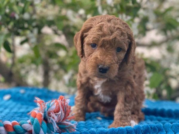 TEACUP GOLDENDOODLE PUPPIES, Precious Doodle Dogs, Teacup Doodle Dogs, Goldendoodle, Doodle Dog, Golden Doodles, Goldendoodle for sale, Goldendoodle puppies for sale, Miniature goldendoodle, goldendoodle puppies, mini goldendoodle, mini puppies, mini goldendoodle size, Mini Doodle Dogs, f1 goldendoodle, golden retriever poodle, chocolate goldendoodle, small doodles, goldendoodle temperament, goldendoodle colors, goldendoodle price, white goldendoodle, f2 goldendoodle, mini goldendoodle price, mini goldendoodle full grown, f1 mini goldendoodle, f1b goldendoodle, parti goldendoodle, goldendoodles near me, english goldendoodle, australian goldendoodle, red goldendoodle, doodle breeds, brown goldendoodle, goldendoodle cost, adult mini goldendoodle, golden noodle dog, doodle dog breeds, miniature golden doodle, miniature puppies, golden retriever poodle mix, A Star is Born, A star is born goldendoodle, a star is born dog, Bradley Cooper's Dog, Bradley Cooper Dog, Bradley Cooper's Goldendoodle, arizona goldendoodles, goldendoodle training, goldendoodle size, how big do mini goldendoodles get, goldendoodle full grown, baby goldendoodle, goldendoodle houston, golden doodles for sale, adult goldendoodle, apricot goldendoodle, goldendoodle grooming, mini golden doodles, goldendoodle shedding, f2b goldendoodle, goldendoodle hypoallergenic, goldendoodle names, english cream goldendoodle, golden retriever and poodle mix, mini goldendoodle puppies, micro goldendoodle, mini goldendoodle puppies for sale, miniature goldendoodle for sale, goldendoodle puppies for adoption, teddy bear goldendoodle, mini goldendoodle rescue, medium goldendoodle, black goldendoodle, mini goldendoodle for sale near me, goldendoodle puppies for sale near me, mini doodle, doodle puppies, mini goldendoodle for sale, goldendoodle breeders near me, miniature goldendoodle for sale near me, toy goldendoodle, petite goldendoodle, golden doodle dog, miniature goldendoodle puppies, mini goldendoodle puppies for sale near me, goldendoodles for sale near me, mini goldedoodle breeders, goldendoodle adoption, f1b mini goldendoodle, small goldendoodle, teacup goldendoodle, goldendoodle puppies near me, goldendoodle breeders, how to groom a goldendoodle, great doodle puppies, golden doodle mix, goldendoodle tampa, goldendoodle facts, white doodle dog, white goldendoodle puppy, mini goldendoodle maryland, country mini doodles, goldendoodle los angeles, toy labradoodle puppies for sale, types of goldendoodles, mini golden retriever puppies, golden goldendoodle, mini golden retriever puppies for sale, miniature australian goldendoodle, goldendoodle sacramento, goldendoodle omaha, labradoodle goldendoodle, f1 medium goldendoodle, BEST goldendoodles, pictures of mini goldendoodles, teacup goldendoodle full grown, micro mini goldendoodle full grown, toy goldendoodle price, goldendoodle chicago, retriever doodle, teacup goldendoodle puppies for sale, cute goldendoodle, mini teddy bear puppies, miniature goldendoodle full grown, f2 mini goldendoodle, goldendoodle spokane, mini goldendoodle chicago, micro mini goldendoodle, how nbig do miniature goldendoodles get, brown mini goldendoodle, mini doodle breeds, poodle doodle dog, what is a mini goldendoodle, black mini goldendoodle, mini irish doodle puppies for sale, f1b goldendoodle size, toy golden doodles, chocolate brown goldendoodle puppies for sale, petite goldendoodle full grown, goldendoodle behavior, american goldendoodle, f1b medium goldendoodle, goldendoodle puppy cost, cute goldendoodle puppies, goldendoodle indianapolis, teddy goldendoodle, mini goldendoodle weight, teddy bear golden doodles, f1b goldendoodle puppies for sale, miniature goldendoodle size, chocolate goldendoodle puppy, english cream mini goldendoodle, doodle puppies near me, red miniature goldendoodle, cream goldendoodle, goldendoodle puppy cut, mini goldendoodle hypoallergenic, dog breed goldendoodle, goldendoodle poodle mixes, goldendoodle allergies, goldendoodle info, sandy ridge goldendoodles, lakeshore goldendoodles, toy goldendoodle puppies for sale, labradoodle and goldendoodle, goldendoodle las vegas, goldendoodle phoenix, doodle breeders near me, miniature goldendoodle weight, black and white goldendoodle, sarasota goldendoodles, mini goldendoodle dallas, a goldendoodle, what is a goldendoodle, goldendoodle dallas, mini golden doodles for sale, ginger doodle puppy, how much does a mini goldendoodle cost, goldendoodle san antonio, goldendoodle photos, goldendoodle cuts, chocolate mini goldendoodle, all about goldendoodles, goldendoodle cincinnati, black doodle dog, goldendoodle weight, miniature goldendoodle breeders, goldendoodle information, miniature goldendoodle puppies for sale, doodle puppies for sale near me, black labradoodle puppies for sale, goldendoodle seattle, golden doodles near me, teacup goldendoodle for sale, golden retriever poodle puppy, goldendoodle rochester ny, goldendoodle and poodle mix, akc goldendoodle, goldendoodle kansas city, mini goldendoodle facts, goldendoodle austin, goldendoodle doodle, goldendoodle tulsa, curly goldendoodle, brown goldendoodle puppies, f1b labradoodle puppies for sale, red mini goldendoodle, goldendoodle poodle, chocolate goldendoodle for sale, tiny goldendoodle, goldendoodle puppies breeders, english goldendoodle puppies for sale, mini golden labradoodle, f1b mini teddy bear goldendoodles, red goldendoodle puppies for sale, miniature golden retriever breeders, f1 goldendoodles for sale, teacup goldendoodle puppies, toy mini goldendoodle, xs petite goldendoodle, f2 goldendoodle puppies for sale, mini goldendoodle cost, black goldendoodle for sale, english teddy bear goldendoodle, small doodle dogs, goldendoodle nashville, english goldendoodle puppies, golden retriever poodle mix for sale, red goldendoodle puppy, parti goldendoodles for sale, english cream goldendoodles for sale, doodle puppies for sale, golden retriever poodle mix puppies, goldendoodle tucson, f1b mini goldendoodle puppies for sale, mini goldendoodle breeders northeast, teddy bear goldendoodle, toy goldendoodle rescue, petite mini goldendoodle, goldendoodle stuff, mini goldendoodles near me, teddy bear goldendoodle puppies, f1 goldendoodle puppies, teddy bear goldendoodles for sale, silver goldendoodle, buy goldendoodle, mini golden doodle dog, teddy bear goldendoodles mini, micro mini goldendoodle puppies for sale, goldendoodle dogs for sale, best goldendoodle breeders, chocolate goldendoodle puppies for sale, doodle dogs for sale, toy goldendoodle puppies, mini doodle dog, toy goldendoodle breeders, doodles for sale, goldendoodle hypoallergenic dog, mini goldendoodle breeders near me, english goldendoodle breeders, f1b mini goldendoodle for sale, teacup goldendoodle price, petite goldendoodle for sale, mini english goldendoodle, mini goldendoodle info, miniature goldendoodle puppies for sale near me, black goldendoodle puppies for sale, f1 goldendoodle puppies for sale, Teacup Goldendoodles AL, Teacup Goldendoodles AK, Teacup Goldendoodles AZ, Teacup Goldendoodles AR, Teacup Goldendoodles CA, Teacup Goldendoodles CO, Teacup Goldendoodles CT, Teacup Goldendoodles DE, Teacup Goldendoodles FL, Teacup Goldendoodles GA, Teacup Goldendoodles HI, Teacup Goldendoodles ID, Teacup Goldendoodles IL, Teacup Goldendoodles IN, Teacup Goldendoodles IA, Teacup Goldendoodles KS, Teacup Goldendoodles KY, Teacup Goldendoodles LA, Teacup Goldendoodles ME, Teacup Goldendoodles MD, Teacup Goldendoodles MA, Teacup Goldendoodles MI, Teacup Goldendoodles MN, Teacup Goldendoodles MS, Teacup Goldendoodles MO, Teacup Goldendoodles MT, Teacup Goldendoodles NE, Teacup Goldendoodles NV, Teacup Goldendoodles NH, Teacup Goldendoodles NJ, Teacup Goldendoodles NM, Teacup Goldendoodles NY, Teacup Goldendoodles NC, Teacup Goldendoodles ND, Teacup Goldendoodles OH, Teacup Goldendoodles OK, Teacup Goldendoodles OR, Teacup Goldendoodles PA, Teacup Goldendoodles RI, Teacup Goldendoodles SC, Teacup Goldendoodles SD, Teacup Goldendoodles TN, Teacup Goldendoodles TX, Teacup Goldendoodles UT, Teacup Goldendoodles VT, Teacup Goldendoodles VA, Teacup Goldendoodles WA, Teacup Goldendoodles WV, Teacup Goldendoodles WI, Teacup Goldendoodles WY, Teacup Golden Doodles AL, Teacup Golden Doodles AK, Teacup Golden Doodles AZ, Teacup Golden Doodles AR, Teacup Golden Doodles CA, Teacup Golden Doodles CO, Teacup Golden Doodles CT, Teacup Golden Doodles DE, Teacup Golden Doodles FL, Teacup Golden Doodles GA, Teacup Golden Doodles HI, Teacup Golden Doodles ID, Teacup Golden Doodles IL, Teacup Golden Doodles IN, Teacup Golden Doodles IA, Teacup Golden Doodles KS, Teacup Golden Doodles KY, Teacup Golden Doodles LA, Teacup Golden Doodles ME, Teacup Golden Doodles MD, Teacup Golden Doodles MA, Teacup Golden Doodles MI, Teacup Golden Doodles MN, Teacup Golden Doodles MS, Teacup Golden Doodles MO, Teacup Golden Doodles MT, Teacup Golden Doodles NE, Teacup Golden Doodles NV, Teacup Golden Doodles NH, Teacup Golden Doodles NJ, Teacup Golden Doodles NM, Teacup Golden Doodles NY, Teacup Golden Doodles NC, Teacup Golden Doodles ND, Teacup Golden Doodles OH, Teacup Golden Doodles OK, Teacup Golden Doodles OR, Teacup Golden Doodles PA, Teacup Golden Doodles RI, Teacup Golden Doodles SC, Teacup Golden Doodles SD, Teacup Golden Doodles TN, Teacup Golden Doodles TX, Teacup Golden Doodles UT, Teacup Golden Doodles VT, Teacup Golden Doodles VA, Teacup Golden Doodles WA, Teacup Golden Doodles WV, Teacup Golden Doodles WI, Teacup Golden Doodles WY, Toy Goldendoodle Alabama, Toy Goldendoodle Alaska, Toy Goldendoodle Arizona, Toy Goldendoodle Arkansas, Toy Goldendoodle California, Toy Goldendoodle Colorado, Toy Goldendoodle Connecticut, Toy Goldendoodle Delaware, Toy Goldendoodle Florida, Toy Goldendoodle Georgia, Toy Goldendoodle Hawaii, Toy Goldendoodle Idaho, Toy Goldendoodle Illinois, Toy Goldendoodle Indiana, Toy Goldendoodle Iowa, Toy Goldendoodle Kansas, Toy Goldendoodle Kentucky, Toy Goldendoodle Louisiana, Toy Goldendoodle Maine, Toy Goldendoodle Maryland, Toy Goldendoodle Massachusetts, Toy Goldendoodle Michigan, Toy Goldendoodle Minnesota, Toy Goldendoodle Mississippi, Toy Goldendoodle Missouri, Toy Goldendoodle Montana, Toy Goldendoodle Nebraska, Toy Goldendoodle Nevada, Toy Goldendoodle New Hampshire, Toy Goldendoodle New Jersey, Toy Goldendoodle New Mexico, Toy Goldendoodle New York, Toy Goldendoodle North Carolina, Toy Goldendoodle North Dakota, Toy Goldendoodle Ohio, Toy Goldendoodle Oklahoma, Toy Goldendoodle Oregon, Toy Goldendoodle Pennsylvania, Toy Goldendoodle Rhode Island, Toy Goldendoodle South Carolina, Toy Goldendoodle South Dakota, Toy Goldendoodle Tennessee, Toy Goldendoodle Texas, Toy Goldendoodle Utah, Toy Goldendoodle Vermont, Toy Goldendoodle Virginia, Toy Goldendoodle Washington, Toy Goldendoodle West Virginia, Toy Goldendoodle Wisconsin, Toy Goldendoodle Wyoming, Teacup Goldendoodle breeders AL, Teacup Goldendoodle breeders AK, Teacup Goldendoodle breeders AZ, Teacup Goldendoodle breeders AR, Teacup Goldendoodle breeders CA, Teacup Goldendoodle breeders CO, Teacup Goldendoodle breeders CT, Teacup Goldendoodle breeders DE, Teacup Goldendoodle breeders FL, Teacup Goldendoodle breeders GA, Teacup Goldendoodle breeders HI, Teacup Goldendoodle breeders ID, Teacup Goldendoodle breeders IL, Teacup Goldendoodle breeders IN, Teacup Goldendoodle breeders IA, Teacup Goldendoodle breeders KS, Teacup Goldendoodle breeders KY, Teacup Goldendoodle breeders LA, Teacup Goldendoodle breeders ME, Teacup Goldendoodle breeders MD, Teacup Goldendoodle breeders MA, Teacup Goldendoodle breeders MI, Teacup Goldendoodle breeders MN, Teacup Goldendoodle breeders MS, Teacup Goldendoodle breeders MO, Teacup Goldendoodle breeders MT, Teacup Goldendoodle breeders NE, Teacup Goldendoodle breeders NV, Teacup Goldendoodle breeders NH, Teacup Goldendoodle breeders NJ, Teacup Goldendoodle breeders NM, Teacup Goldendoodle breeders NY, Teacup Goldendoodle breeders NC, Teacup Goldendoodle breeders ND, Teacup Goldendoodle breeders OH, Teacup Goldendoodle breeders OK, Teacup Goldendoodle breeders OR, Teacup Goldendoodle breeders PA, Teacup Goldendoodle breeders RI, Teacup Goldendoodle breeders SC, Teacup Goldendoodle breeders SD, Teacup Goldendoodle breeders TN, Teacup Goldendoodle breeders TX, Teacup Goldendoodle breeders UT, Teacup Goldendoodle breeders VT, Teacup Goldendoodle breeders VA, Teacup Goldendoodle breeders WA, Teacup Goldendoodle breeders WV, Teacup Goldendoodle breeders WI, Teacup Goldendoodle breeders WY, Teacup Golden doodle puppies for sale in AL, Teacup Golden doodle puppies for sale in AK, Teacup Golden doodle puppies for sale in AZ, Teacup Golden doodle puppies for sale in AR, Teacup Golden doodle puppies for sale in CA, Teacup Golden doodle puppies for sale in CO, Teacup Golden doodle puppies for sale in CT, Teacup Golden doodle puppies for sale in DE, Teacup Golden doodle puppies for sale in FL, Teacup Golden doodle puppies for sale in GA, Teacup Golden doodle puppies for sale in HI, Teacup Golden doodle puppies for sale in ID, Teacup Golden doodle puppies for sale in IL, Teacup Golden doodle puppies for sale in IN, Teacup Golden doodle puppies for sale in IA, Teacup Golden doodle puppies for sale in KS, Teacup Golden doodle puppies for sale in KY, Teacup Golden doodle puppies for sale in LA, Teacup Golden doodle puppies for sale in ME, Teacup Golden doodle puppies for sale in MD, Teacup Golden doodle puppies for sale in MA, Teacup Golden doodle puppies for sale in MI, Teacup Golden doodle puppies for sale in MN, Teacup Golden doodle puppies for sale in MS, Teacup Golden doodle puppies for sale in MO, Teacup Golden doodle puppies for sale in MT, Teacup Golden doodle puppies for sale in NE, Teacup Golden doodle puppies for sale in NV, Teacup Golden doodle puppies for sale in NH, Teacup Golden doodle puppies for sale in NJ, Teacup Golden doodle puppies for sale in NM, Teacup Golden doodle puppies for sale in NY, Teacup Golden doodle puppies for sale in NC, Teacup Golden doodle puppies for sale in ND, Teacup Golden doodle puppies for sale in OH, Teacup Golden doodle puppies for sale in OK, Teacup Golden doodle puppies for sale in OR, Teacup Golden doodle puppies for sale in PA, Teacup Golden doodle puppies for sale in RI, Teacup Golden doodle puppies for sale in SC, Teacup Golden doodle puppies for sale in SD, Teacup Golden doodle puppies for sale in TN, Teacup Golden doodle puppies for sale in TX, Teacup Golden doodle puppies for sale in UT, Teacup Golden doodle puppies for sale in VT, Teacup Golden doodle puppies for sale in VA, Teacup Golden doodle puppies for sale in WA, Teacup Golden doodle puppies for sale in WV, Teacup Golden doodle puppies for sale in WI, Teacup Golden doodle puppies for sale in WY, Teacup Goldendoodles for sale in AL, Teacup Goldendoodles for sale in AK, Teacup Goldendoodles for sale in AZ, Teacup Goldendoodles for sale in AR, Teacup Goldendoodles for sale in CA, Teacup Goldendoodles for sale in CO, Teacup Goldendoodles for sale in CT, Teacup Goldendoodles for sale in DE, Teacup Goldendoodles for sale in FL, Teacup Goldendoodles for sale in GA, Teacup Goldendoodles for sale in HI, Teacup Goldendoodles for sale in ID, Teacup Goldendoodles for sale in IL, Teacup Goldendoodles for sale in IN, Teacup Goldendoodles for sale in IA, Teacup Goldendoodles for sale in KS, Teacup Goldendoodles for sale in KY, Teacup Goldendoodles for sale in LA, Teacup Goldendoodles for sale in ME, Teacup Goldendoodles for sale in MD, Teacup Goldendoodles for sale in MA, Teacup Goldendoodles for sale in MI, Teacup Goldendoodles for sale in MN, Teacup Goldendoodles for sale in MS, Teacup Goldendoodles for sale in MO, Teacup Goldendoodles for sale in MT, Teacup Goldendoodles for sale in NE, Teacup Goldendoodles for sale in NV, Teacup Goldendoodles for sale in NH, Teacup Goldendoodles for sale in NJ, Teacup Goldendoodles for sale in NM, Teacup Goldendoodles for sale in NY, Teacup Goldendoodles for sale in NC, Teacup Goldendoodles for sale in ND, Teacup Goldendoodles for sale in OH, Teacup Goldendoodles for sale in OK, Teacup Goldendoodles for sale in OR, Teacup Goldendoodles for sale in PA, Teacup Goldendoodles for sale in RI, Teacup Goldendoodles for sale in SC, Teacup Goldendoodles for sale in SD, Teacup Goldendoodles for sale in TN, Teacup Goldendoodles for sale in TX, Teacup Goldendoodles for sale in UT, Teacup Goldendoodles for sale in VT, Teacup Goldendoodles for sale in VA, Teacup Goldendoodles for sale in WA, Teacup Goldendoodles for sale in WV, Teacup Goldendoodles for sale in WI, Teacup Goldendoodles for sale in WY, Teacup Goldendoodle Alabama, Teacup Goldendoodle Alaska, Teacup Goldendoodle Arizona, Teacup Goldendoodle Arkansas, Teacup Goldendoodle California, Teacup Goldendoodle Colorado, Teacup Goldendoodle Connecticut, Teacup Goldendoodle Delaware, Teacup Goldendoodle Florida, Teacup Goldendoodle Georgia, Teacup Goldendoodle Hawaii, Teacup Goldendoodle Idaho, Teacup Goldendoodle Illinois, Teacup Goldendoodle Indiana, Teacup Goldendoodle Iowa, Teacup Goldendoodle Kansas, Teacup Goldendoodle Kentucky, Teacup Goldendoodle Louisiana, Teacup Goldendoodle Maine, Teacup Goldendoodle Maryland, Teacup Goldendoodle Massachusetts, Teacup Goldendoodle Michigan, Teacup Goldendoodle Minnesota, Teacup Goldendoodle Mississippi, Teacup Goldendoodle Missouri, Teacup Goldendoodle Montana, Teacup Goldendoodle Nebraska, Teacup Goldendoodle Nevada, Teacup Goldendoodle New Hampshire, Teacup Goldendoodle New Jersey, Teacup Goldendoodle New Mexico, Teacup Goldendoodle New York, Teacup Goldendoodle North Carolina, Teacup Goldendoodle North Dakota, Teacup Goldendoodle Ohio, Teacup Goldendoodle Oklahoma, Teacup Goldendoodle Oregon, Teacup Goldendoodle Pennsylvania, Teacup Goldendoodle Rhode Island, Teacup Goldendoodle South Carolina, Teacup Goldendoodle South Dakota, Teacup Goldendoodle Tennessee, Teacup Goldendoodle Texas, Teacup Goldendoodle Utah, Teacup Goldendoodle Vermont, Teacup Goldendoodle Virginia, Teacup Goldendoodle Washington, Teacup Goldendoodle West Virginia, Teacup Goldendoodle Wisconsin, Teacup Goldendoodle Wyoming, Goldendoodle Breeders AL, Goldendoodle Breeders AK, Goldendoodle Breeders AZ, Goldendoodle Breeders AR, Goldendoodle Breeders CA, Goldendoodle Breeders CO, Goldendoodle Breeders CT, Goldendoodle Breeders DE, Goldendoodle Breeders FL, Goldendoodle Breeders GA, Goldendoodle Breeders HI, Goldendoodle Breeders ID, Goldendoodle Breeders IL, Goldendoodle Breeders IN, Goldendoodle Breeders IA, Goldendoodle Breeders KS, Goldendoodle Breeders KY, Goldendoodle Breeders LA, Goldendoodle Breeders ME, Goldendoodle Breeders MD, Goldendoodle Breeders MA, Goldendoodle Breeders MI, Goldendoodle Breeders MN, Goldendoodle Breeders MS, Goldendoodle Breeders MO, Goldendoodle Breeders MT, Goldendoodle Breeders NE, Goldendoodle Breeders NV, Goldendoodle Breeders NH, Goldendoodle Breeders NJ, Goldendoodle Breeders NM, Goldendoodle Breeders NY, Goldendoodle Breeders NC, Goldendoodle Breeders ND, Goldendoodle Breeders OH, Goldendoodle Breeders OK, Goldendoodle Breeders OR, Goldendoodle Breeders PA, Goldendoodle Breeders RI, Goldendoodle Breeders SC, Goldendoodle Breeders SD, Goldendoodle Breeders TN, Goldendoodle Breeders TX, Goldendoodle Breeders UT, Goldendoodle Breeders VT, Goldendoodle Breeders VA, Goldendoodle Breeders WA, Goldendoodle Breeders WV, Goldendoodle Breeders WI, Goldendoodle Breeders WY, Teacup Golden doodles for sale in AL, Teacup Golden doodles for sale in AK, Teacup Golden doodles for sale in AZ, Teacup Golden doodles for sale in AR, Teacup Golden doodles for sale in CA, Teacup Golden doodles for sale in CO, Teacup Golden doodles for sale in CT, Teacup Golden doodles for sale in DE, Teacup Golden doodles for sale in FL, Teacup Golden doodles for sale in GA, Teacup Golden doodles for sale in HI, Teacup Golden doodles for sale in ID, Teacup Golden doodles for sale in IL, Teacup Golden doodles for sale in IN, Teacup Golden doodles for sale in IA, Teacup Golden doodles for sale in KS, Teacup Golden doodles for sale in KY, Teacup Golden doodles for sale in LA, Teacup Golden doodles for sale in ME, Teacup Golden doodles for sale in MD, Teacup Golden doodles for sale in MA, Teacup Golden doodles for sale in MI, Teacup Golden doodles for sale in MN, Teacup Golden doodles for sale in MS, Teacup Golden doodles for sale in MO, Teacup Golden doodles for sale in MT, Teacup Golden doodles for sale in NE, Teacup Golden doodles for sale in NV, Teacup Golden doodles for sale in NH, Teacup Golden doodles for sale in NJ, Teacup Golden doodles for sale in NM, Teacup Golden doodles for sale in NY, Teacup Golden doodles for sale in NC, Teacup Golden doodles for sale in ND, Teacup Golden doodles for sale in OH, Teacup Golden doodles for sale in OK, Teacup Golden doodles for sale in OR, Teacup Golden doodles for sale in PA, Teacup Golden doodles for sale in RI, Teacup Golden doodles for sale in SC, Teacup Golden doodles for sale in SD, Teacup Golden doodles for sale in TN, Teacup Golden doodles for sale in TX, Teacup Golden doodles for sale in UT, Teacup Golden doodles for sale in VT, Teacup Golden doodles for sale in VA, Teacup Golden doodles for sale in WA, Teacup Golden doodles for sale in WV, Teacup Golden doodles for sale in WI, Teacup Golden doodles for sale in WY,