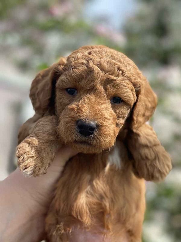 TEACUP GOLDENDOODLE PUPPIES, Precious Doodle Dogs, Teacup Doodle Dogs, Goldendoodle, Doodle Dog, Golden Doodles, Goldendoodle for sale, Goldendoodle puppies for sale, Miniature goldendoodle, goldendoodle puppies, mini goldendoodle, mini puppies, mini goldendoodle size, Mini Doodle Dogs, f1 goldendoodle, golden retriever poodle, chocolate goldendoodle, small doodles, goldendoodle temperament, goldendoodle colors, goldendoodle price, white goldendoodle, f2 goldendoodle, mini goldendoodle price, mini goldendoodle full grown, f1 mini goldendoodle, f1b goldendoodle, parti goldendoodle, goldendoodles near me, english goldendoodle, australian goldendoodle, red goldendoodle, doodle breeds, brown goldendoodle, goldendoodle cost, adult mini goldendoodle, golden noodle dog, doodle dog breeds, miniature golden doodle, miniature puppies, golden retriever poodle mix, A Star is Born, A star is born goldendoodle, a star is born dog, Bradley Cooper's Dog, Bradley Cooper Dog, Bradley Cooper's Goldendoodle, arizona goldendoodles, goldendoodle training, goldendoodle size, how big do mini goldendoodles get, goldendoodle full grown, baby goldendoodle, goldendoodle houston, golden doodles for sale, adult goldendoodle, apricot goldendoodle, goldendoodle grooming, mini golden doodles, goldendoodle shedding, f2b goldendoodle, goldendoodle hypoallergenic, goldendoodle names, english cream goldendoodle, golden retriever and poodle mix, mini goldendoodle puppies, micro goldendoodle, mini goldendoodle puppies for sale, miniature goldendoodle for sale, goldendoodle puppies for adoption, teddy bear goldendoodle, mini goldendoodle rescue, medium goldendoodle, black goldendoodle, mini goldendoodle for sale near me, goldendoodle puppies for sale near me, mini doodle, doodle puppies, mini goldendoodle for sale, goldendoodle breeders near me, miniature goldendoodle for sale near me, toy goldendoodle, petite goldendoodle, golden doodle dog, miniature goldendoodle puppies, mini goldendoodle puppies for sale near me, goldendoodles for sale near me, mini goldedoodle breeders, goldendoodle adoption, f1b mini goldendoodle, small goldendoodle, teacup goldendoodle, goldendoodle puppies near me, goldendoodle breeders, how to groom a goldendoodle, great doodle puppies, golden doodle mix, goldendoodle tampa, goldendoodle facts, white doodle dog, white goldendoodle puppy, mini goldendoodle maryland, country mini doodles, goldendoodle los angeles, toy labradoodle puppies for sale, types of goldendoodles, mini golden retriever puppies, golden goldendoodle, mini golden retriever puppies for sale, miniature australian goldendoodle, goldendoodle sacramento, goldendoodle omaha, labradoodle goldendoodle, f1 medium goldendoodle, BEST goldendoodles, pictures of mini goldendoodles, teacup goldendoodle full grown, micro mini goldendoodle full grown, toy goldendoodle price, goldendoodle chicago, retriever doodle, teacup goldendoodle puppies for sale, cute goldendoodle, mini teddy bear puppies, miniature goldendoodle full grown, f2 mini goldendoodle, goldendoodle spokane, mini goldendoodle chicago, micro mini goldendoodle, how nbig do miniature goldendoodles get, brown mini goldendoodle, mini doodle breeds, poodle doodle dog, what is a mini goldendoodle, black mini goldendoodle, mini irish doodle puppies for sale, f1b goldendoodle size, toy golden doodles, chocolate brown goldendoodle puppies for sale, petite goldendoodle full grown, goldendoodle behavior, american goldendoodle, f1b medium goldendoodle, goldendoodle puppy cost, cute goldendoodle puppies, goldendoodle indianapolis, teddy goldendoodle, mini goldendoodle weight, teddy bear golden doodles, f1b goldendoodle puppies for sale, miniature goldendoodle size, chocolate goldendoodle puppy, english cream mini goldendoodle, doodle puppies near me, red miniature goldendoodle, cream goldendoodle, goldendoodle puppy cut, mini goldendoodle hypoallergenic, dog breed goldendoodle, goldendoodle poodle mixes, goldendoodle allergies, goldendoodle info, sandy ridge goldendoodles, lakeshore goldendoodles, toy goldendoodle puppies for sale, labradoodle and goldendoodle, goldendoodle las vegas, goldendoodle phoenix, doodle breeders near me, miniature goldendoodle weight, black and white goldendoodle, sarasota goldendoodles, mini goldendoodle dallas, a goldendoodle, what is a goldendoodle, goldendoodle dallas, mini golden doodles for sale, ginger doodle puppy, how much does a mini goldendoodle cost, goldendoodle san antonio, goldendoodle photos, goldendoodle cuts, chocolate mini goldendoodle, all about goldendoodles, goldendoodle cincinnati, black doodle dog, goldendoodle weight, miniature goldendoodle breeders, goldendoodle information, miniature goldendoodle puppies for sale, doodle puppies for sale near me, black labradoodle puppies for sale, goldendoodle seattle, golden doodles near me, teacup goldendoodle for sale, golden retriever poodle puppy, goldendoodle rochester ny, goldendoodle and poodle mix, akc goldendoodle, goldendoodle kansas city, mini goldendoodle facts, goldendoodle austin, goldendoodle doodle, goldendoodle tulsa, curly goldendoodle, brown goldendoodle puppies, f1b labradoodle puppies for sale, red mini goldendoodle, goldendoodle poodle, chocolate goldendoodle for sale, tiny goldendoodle, goldendoodle puppies breeders, english goldendoodle puppies for sale, mini golden labradoodle, f1b mini teddy bear goldendoodles, red goldendoodle puppies for sale, miniature golden retriever breeders, f1 goldendoodles for sale, teacup goldendoodle puppies, toy mini goldendoodle, xs petite goldendoodle, f2 goldendoodle puppies for sale, mini goldendoodle cost, black goldendoodle for sale, english teddy bear goldendoodle, small doodle dogs, goldendoodle nashville, english goldendoodle puppies, golden retriever poodle mix for sale, red goldendoodle puppy, parti goldendoodles for sale, english cream goldendoodles for sale, doodle puppies for sale, golden retriever poodle mix puppies, goldendoodle tucson, f1b mini goldendoodle puppies for sale, mini goldendoodle breeders northeast, teddy bear goldendoodle, toy goldendoodle rescue, petite mini goldendoodle, goldendoodle stuff, mini goldendoodles near me, teddy bear goldendoodle puppies, f1 goldendoodle puppies, teddy bear goldendoodles for sale, silver goldendoodle, buy goldendoodle, mini golden doodle dog, teddy bear goldendoodles mini, micro mini goldendoodle puppies for sale, goldendoodle dogs for sale, best goldendoodle breeders, chocolate goldendoodle puppies for sale, doodle dogs for sale, toy goldendoodle puppies, mini doodle dog, toy goldendoodle breeders, doodles for sale, goldendoodle hypoallergenic dog, mini goldendoodle breeders near me, english goldendoodle breeders, f1b mini goldendoodle for sale, teacup goldendoodle price, petite goldendoodle for sale, mini english goldendoodle, mini goldendoodle info, miniature goldendoodle puppies for sale near me, black goldendoodle puppies for sale, f1 goldendoodle puppies for sale, Teacup Goldendoodles AL, Teacup Goldendoodles AK, Teacup Goldendoodles AZ, Teacup Goldendoodles AR, Teacup Goldendoodles CA, Teacup Goldendoodles CO, Teacup Goldendoodles CT, Teacup Goldendoodles DE, Teacup Goldendoodles FL, Teacup Goldendoodles GA, Teacup Goldendoodles HI, Teacup Goldendoodles ID, Teacup Goldendoodles IL, Teacup Goldendoodles IN, Teacup Goldendoodles IA, Teacup Goldendoodles KS, Teacup Goldendoodles KY, Teacup Goldendoodles LA, Teacup Goldendoodles ME, Teacup Goldendoodles MD, Teacup Goldendoodles MA, Teacup Goldendoodles MI, Teacup Goldendoodles MN, Teacup Goldendoodles MS, Teacup Goldendoodles MO, Teacup Goldendoodles MT, Teacup Goldendoodles NE, Teacup Goldendoodles NV, Teacup Goldendoodles NH, Teacup Goldendoodles NJ, Teacup Goldendoodles NM, Teacup Goldendoodles NY, Teacup Goldendoodles NC, Teacup Goldendoodles ND, Teacup Goldendoodles OH, Teacup Goldendoodles OK, Teacup Goldendoodles OR, Teacup Goldendoodles PA, Teacup Goldendoodles RI, Teacup Goldendoodles SC, Teacup Goldendoodles SD, Teacup Goldendoodles TN, Teacup Goldendoodles TX, Teacup Goldendoodles UT, Teacup Goldendoodles VT, Teacup Goldendoodles VA, Teacup Goldendoodles WA, Teacup Goldendoodles WV, Teacup Goldendoodles WI, Teacup Goldendoodles WY, Teacup Golden Doodles AL, Teacup Golden Doodles AK, Teacup Golden Doodles AZ, Teacup Golden Doodles AR, Teacup Golden Doodles CA, Teacup Golden Doodles CO, Teacup Golden Doodles CT, Teacup Golden Doodles DE, Teacup Golden Doodles FL, Teacup Golden Doodles GA, Teacup Golden Doodles HI, Teacup Golden Doodles ID, Teacup Golden Doodles IL, Teacup Golden Doodles IN, Teacup Golden Doodles IA, Teacup Golden Doodles KS, Teacup Golden Doodles KY, Teacup Golden Doodles LA, Teacup Golden Doodles ME, Teacup Golden Doodles MD, Teacup Golden Doodles MA, Teacup Golden Doodles MI, Teacup Golden Doodles MN, Teacup Golden Doodles MS, Teacup Golden Doodles MO, Teacup Golden Doodles MT, Teacup Golden Doodles NE, Teacup Golden Doodles NV, Teacup Golden Doodles NH, Teacup Golden Doodles NJ, Teacup Golden Doodles NM, Teacup Golden Doodles NY, Teacup Golden Doodles NC, Teacup Golden Doodles ND, Teacup Golden Doodles OH, Teacup Golden Doodles OK, Teacup Golden Doodles OR, Teacup Golden Doodles PA, Teacup Golden Doodles RI, Teacup Golden Doodles SC, Teacup Golden Doodles SD, Teacup Golden Doodles TN, Teacup Golden Doodles TX, Teacup Golden Doodles UT, Teacup Golden Doodles VT, Teacup Golden Doodles VA, Teacup Golden Doodles WA, Teacup Golden Doodles WV, Teacup Golden Doodles WI, Teacup Golden Doodles WY, Toy Goldendoodle Alabama, Toy Goldendoodle Alaska, Toy Goldendoodle Arizona, Toy Goldendoodle Arkansas, Toy Goldendoodle California, Toy Goldendoodle Colorado, Toy Goldendoodle Connecticut, Toy Goldendoodle Delaware, Toy Goldendoodle Florida, Toy Goldendoodle Georgia, Toy Goldendoodle Hawaii, Toy Goldendoodle Idaho, Toy Goldendoodle Illinois, Toy Goldendoodle Indiana, Toy Goldendoodle Iowa, Toy Goldendoodle Kansas, Toy Goldendoodle Kentucky, Toy Goldendoodle Louisiana, Toy Goldendoodle Maine, Toy Goldendoodle Maryland, Toy Goldendoodle Massachusetts, Toy Goldendoodle Michigan, Toy Goldendoodle Minnesota, Toy Goldendoodle Mississippi, Toy Goldendoodle Missouri, Toy Goldendoodle Montana, Toy Goldendoodle Nebraska, Toy Goldendoodle Nevada, Toy Goldendoodle New Hampshire, Toy Goldendoodle New Jersey, Toy Goldendoodle New Mexico, Toy Goldendoodle New York, Toy Goldendoodle North Carolina, Toy Goldendoodle North Dakota, Toy Goldendoodle Ohio, Toy Goldendoodle Oklahoma, Toy Goldendoodle Oregon, Toy Goldendoodle Pennsylvania, Toy Goldendoodle Rhode Island, Toy Goldendoodle South Carolina, Toy Goldendoodle South Dakota, Toy Goldendoodle Tennessee, Toy Goldendoodle Texas, Toy Goldendoodle Utah, Toy Goldendoodle Vermont, Toy Goldendoodle Virginia, Toy Goldendoodle Washington, Toy Goldendoodle West Virginia, Toy Goldendoodle Wisconsin, Toy Goldendoodle Wyoming, Teacup Goldendoodle breeders AL, Teacup Goldendoodle breeders AK, Teacup Goldendoodle breeders AZ, Teacup Goldendoodle breeders AR, Teacup Goldendoodle breeders CA, Teacup Goldendoodle breeders CO, Teacup Goldendoodle breeders CT, Teacup Goldendoodle breeders DE, Teacup Goldendoodle breeders FL, Teacup Goldendoodle breeders GA, Teacup Goldendoodle breeders HI, Teacup Goldendoodle breeders ID, Teacup Goldendoodle breeders IL, Teacup Goldendoodle breeders IN, Teacup Goldendoodle breeders IA, Teacup Goldendoodle breeders KS, Teacup Goldendoodle breeders KY, Teacup Goldendoodle breeders LA, Teacup Goldendoodle breeders ME, Teacup Goldendoodle breeders MD, Teacup Goldendoodle breeders MA, Teacup Goldendoodle breeders MI, Teacup Goldendoodle breeders MN, Teacup Goldendoodle breeders MS, Teacup Goldendoodle breeders MO, Teacup Goldendoodle breeders MT, Teacup Goldendoodle breeders NE, Teacup Goldendoodle breeders NV, Teacup Goldendoodle breeders NH, Teacup Goldendoodle breeders NJ, Teacup Goldendoodle breeders NM, Teacup Goldendoodle breeders NY, Teacup Goldendoodle breeders NC, Teacup Goldendoodle breeders ND, Teacup Goldendoodle breeders OH, Teacup Goldendoodle breeders OK, Teacup Goldendoodle breeders OR, Teacup Goldendoodle breeders PA, Teacup Goldendoodle breeders RI, Teacup Goldendoodle breeders SC, Teacup Goldendoodle breeders SD, Teacup Goldendoodle breeders TN, Teacup Goldendoodle breeders TX, Teacup Goldendoodle breeders UT, Teacup Goldendoodle breeders VT, Teacup Goldendoodle breeders VA, Teacup Goldendoodle breeders WA, Teacup Goldendoodle breeders WV, Teacup Goldendoodle breeders WI, Teacup Goldendoodle breeders WY, Teacup Golden doodle puppies for sale in AL, Teacup Golden doodle puppies for sale in AK, Teacup Golden doodle puppies for sale in AZ, Teacup Golden doodle puppies for sale in AR, Teacup Golden doodle puppies for sale in CA, Teacup Golden doodle puppies for sale in CO, Teacup Golden doodle puppies for sale in CT, Teacup Golden doodle puppies for sale in DE, Teacup Golden doodle puppies for sale in FL, Teacup Golden doodle puppies for sale in GA, Teacup Golden doodle puppies for sale in HI, Teacup Golden doodle puppies for sale in ID, Teacup Golden doodle puppies for sale in IL, Teacup Golden doodle puppies for sale in IN, Teacup Golden doodle puppies for sale in IA, Teacup Golden doodle puppies for sale in KS, Teacup Golden doodle puppies for sale in KY, Teacup Golden doodle puppies for sale in LA, Teacup Golden doodle puppies for sale in ME, Teacup Golden doodle puppies for sale in MD, Teacup Golden doodle puppies for sale in MA, Teacup Golden doodle puppies for sale in MI, Teacup Golden doodle puppies for sale in MN, Teacup Golden doodle puppies for sale in MS, Teacup Golden doodle puppies for sale in MO, Teacup Golden doodle puppies for sale in MT, Teacup Golden doodle puppies for sale in NE, Teacup Golden doodle puppies for sale in NV, Teacup Golden doodle puppies for sale in NH, Teacup Golden doodle puppies for sale in NJ, Teacup Golden doodle puppies for sale in NM, Teacup Golden doodle puppies for sale in NY, Teacup Golden doodle puppies for sale in NC, Teacup Golden doodle puppies for sale in ND, Teacup Golden doodle puppies for sale in OH, Teacup Golden doodle puppies for sale in OK, Teacup Golden doodle puppies for sale in OR, Teacup Golden doodle puppies for sale in PA, Teacup Golden doodle puppies for sale in RI, Teacup Golden doodle puppies for sale in SC, Teacup Golden doodle puppies for sale in SD, Teacup Golden doodle puppies for sale in TN, Teacup Golden doodle puppies for sale in TX, Teacup Golden doodle puppies for sale in UT, Teacup Golden doodle puppies for sale in VT, Teacup Golden doodle puppies for sale in VA, Teacup Golden doodle puppies for sale in WA, Teacup Golden doodle puppies for sale in WV, Teacup Golden doodle puppies for sale in WI, Teacup Golden doodle puppies for sale in WY, Teacup Goldendoodles for sale in AL, Teacup Goldendoodles for sale in AK, Teacup Goldendoodles for sale in AZ, Teacup Goldendoodles for sale in AR, Teacup Goldendoodles for sale in CA, Teacup Goldendoodles for sale in CO, Teacup Goldendoodles for sale in CT, Teacup Goldendoodles for sale in DE, Teacup Goldendoodles for sale in FL, Teacup Goldendoodles for sale in GA, Teacup Goldendoodles for sale in HI, Teacup Goldendoodles for sale in ID, Teacup Goldendoodles for sale in IL, Teacup Goldendoodles for sale in IN, Teacup Goldendoodles for sale in IA, Teacup Goldendoodles for sale in KS, Teacup Goldendoodles for sale in KY, Teacup Goldendoodles for sale in LA, Teacup Goldendoodles for sale in ME, Teacup Goldendoodles for sale in MD, Teacup Goldendoodles for sale in MA, Teacup Goldendoodles for sale in MI, Teacup Goldendoodles for sale in MN, Teacup Goldendoodles for sale in MS, Teacup Goldendoodles for sale in MO, Teacup Goldendoodles for sale in MT, Teacup Goldendoodles for sale in NE, Teacup Goldendoodles for sale in NV, Teacup Goldendoodles for sale in NH, Teacup Goldendoodles for sale in NJ, Teacup Goldendoodles for sale in NM, Teacup Goldendoodles for sale in NY, Teacup Goldendoodles for sale in NC, Teacup Goldendoodles for sale in ND, Teacup Goldendoodles for sale in OH, Teacup Goldendoodles for sale in OK, Teacup Goldendoodles for sale in OR, Teacup Goldendoodles for sale in PA, Teacup Goldendoodles for sale in RI, Teacup Goldendoodles for sale in SC, Teacup Goldendoodles for sale in SD, Teacup Goldendoodles for sale in TN, Teacup Goldendoodles for sale in TX, Teacup Goldendoodles for sale in UT, Teacup Goldendoodles for sale in VT, Teacup Goldendoodles for sale in VA, Teacup Goldendoodles for sale in WA, Teacup Goldendoodles for sale in WV, Teacup Goldendoodles for sale in WI, Teacup Goldendoodles for sale in WY, Teacup Goldendoodle Alabama, Teacup Goldendoodle Alaska, Teacup Goldendoodle Arizona, Teacup Goldendoodle Arkansas, Teacup Goldendoodle California, Teacup Goldendoodle Colorado, Teacup Goldendoodle Connecticut, Teacup Goldendoodle Delaware, Teacup Goldendoodle Florida, Teacup Goldendoodle Georgia, Teacup Goldendoodle Hawaii, Teacup Goldendoodle Idaho, Teacup Goldendoodle Illinois, Teacup Goldendoodle Indiana, Teacup Goldendoodle Iowa, Teacup Goldendoodle Kansas, Teacup Goldendoodle Kentucky, Teacup Goldendoodle Louisiana, Teacup Goldendoodle Maine, Teacup Goldendoodle Maryland, Teacup Goldendoodle Massachusetts, Teacup Goldendoodle Michigan, Teacup Goldendoodle Minnesota, Teacup Goldendoodle Mississippi, Teacup Goldendoodle Missouri, Teacup Goldendoodle Montana, Teacup Goldendoodle Nebraska, Teacup Goldendoodle Nevada, Teacup Goldendoodle New Hampshire, Teacup Goldendoodle New Jersey, Teacup Goldendoodle New Mexico, Teacup Goldendoodle New York, Teacup Goldendoodle North Carolina, Teacup Goldendoodle North Dakota, Teacup Goldendoodle Ohio, Teacup Goldendoodle Oklahoma, Teacup Goldendoodle Oregon, Teacup Goldendoodle Pennsylvania, Teacup Goldendoodle Rhode Island, Teacup Goldendoodle South Carolina, Teacup Goldendoodle South Dakota, Teacup Goldendoodle Tennessee, Teacup Goldendoodle Texas, Teacup Goldendoodle Utah, Teacup Goldendoodle Vermont, Teacup Goldendoodle Virginia, Teacup Goldendoodle Washington, Teacup Goldendoodle West Virginia, Teacup Goldendoodle Wisconsin, Teacup Goldendoodle Wyoming, Goldendoodle Breeders AL, Goldendoodle Breeders AK, Goldendoodle Breeders AZ, Goldendoodle Breeders AR, Goldendoodle Breeders CA, Goldendoodle Breeders CO, Goldendoodle Breeders CT, Goldendoodle Breeders DE, Goldendoodle Breeders FL, Goldendoodle Breeders GA, Goldendoodle Breeders HI, Goldendoodle Breeders ID, Goldendoodle Breeders IL, Goldendoodle Breeders IN, Goldendoodle Breeders IA, Goldendoodle Breeders KS, Goldendoodle Breeders KY, Goldendoodle Breeders LA, Goldendoodle Breeders ME, Goldendoodle Breeders MD, Goldendoodle Breeders MA, Goldendoodle Breeders MI, Goldendoodle Breeders MN, Goldendoodle Breeders MS, Goldendoodle Breeders MO, Goldendoodle Breeders MT, Goldendoodle Breeders NE, Goldendoodle Breeders NV, Goldendoodle Breeders NH, Goldendoodle Breeders NJ, Goldendoodle Breeders NM, Goldendoodle Breeders NY, Goldendoodle Breeders NC, Goldendoodle Breeders ND, Goldendoodle Breeders OH, Goldendoodle Breeders OK, Goldendoodle Breeders OR, Goldendoodle Breeders PA, Goldendoodle Breeders RI, Goldendoodle Breeders SC, Goldendoodle Breeders SD, Goldendoodle Breeders TN, Goldendoodle Breeders TX, Goldendoodle Breeders UT, Goldendoodle Breeders VT, Goldendoodle Breeders VA, Goldendoodle Breeders WA, Goldendoodle Breeders WV, Goldendoodle Breeders WI, Goldendoodle Breeders WY, Teacup Golden doodles for sale in AL, Teacup Golden doodles for sale in AK, Teacup Golden doodles for sale in AZ, Teacup Golden doodles for sale in AR, Teacup Golden doodles for sale in CA, Teacup Golden doodles for sale in CO, Teacup Golden doodles for sale in CT, Teacup Golden doodles for sale in DE, Teacup Golden doodles for sale in FL, Teacup Golden doodles for sale in GA, Teacup Golden doodles for sale in HI, Teacup Golden doodles for sale in ID, Teacup Golden doodles for sale in IL, Teacup Golden doodles for sale in IN, Teacup Golden doodles for sale in IA, Teacup Golden doodles for sale in KS, Teacup Golden doodles for sale in KY, Teacup Golden doodles for sale in LA, Teacup Golden doodles for sale in ME, Teacup Golden doodles for sale in MD, Teacup Golden doodles for sale in MA, Teacup Golden doodles for sale in MI, Teacup Golden doodles for sale in MN, Teacup Golden doodles for sale in MS, Teacup Golden doodles for sale in MO, Teacup Golden doodles for sale in MT, Teacup Golden doodles for sale in NE, Teacup Golden doodles for sale in NV, Teacup Golden doodles for sale in NH, Teacup Golden doodles for sale in NJ, Teacup Golden doodles for sale in NM, Teacup Golden doodles for sale in NY, Teacup Golden doodles for sale in NC, Teacup Golden doodles for sale in ND, Teacup Golden doodles for sale in OH, Teacup Golden doodles for sale in OK, Teacup Golden doodles for sale in OR, Teacup Golden doodles for sale in PA, Teacup Golden doodles for sale in RI, Teacup Golden doodles for sale in SC, Teacup Golden doodles for sale in SD, Teacup Golden doodles for sale in TN, Teacup Golden doodles for sale in TX, Teacup Golden doodles for sale in UT, Teacup Golden doodles for sale in VT, Teacup Golden doodles for sale in VA, Teacup Golden doodles for sale in WA, Teacup Golden doodles for sale in WV, Teacup Golden doodles for sale in WI, Teacup Golden doodles for sale in WY,