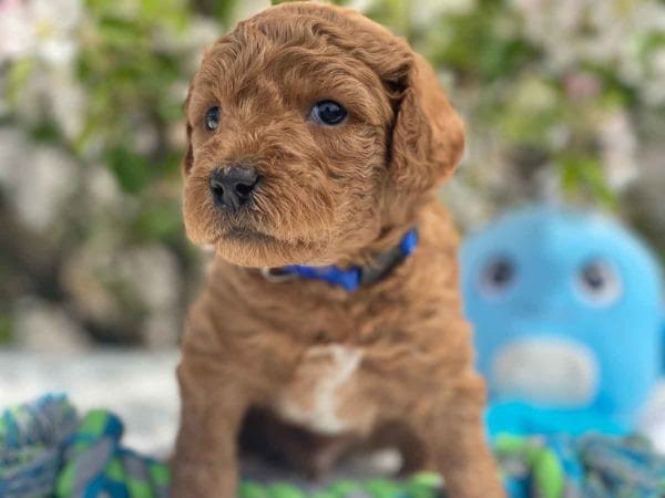 TEACUP GOLDENDOODLE PUPPIES, Precious Doodle Dogs, Teacup Doodle Dogs, Goldendoodle, Doodle Dog, Golden Doodles, Goldendoodle for sale, Goldendoodle puppies for sale, Miniature goldendoodle, goldendoodle puppies, mini goldendoodle, mini puppies, mini goldendoodle size, Mini Doodle Dogs, f1 goldendoodle, golden retriever poodle, chocolate goldendoodle, small doodles, goldendoodle temperament, goldendoodle colors, goldendoodle price, white goldendoodle, f2 goldendoodle, mini goldendoodle price, mini goldendoodle full grown, f1 mini goldendoodle, f1b goldendoodle, parti goldendoodle, goldendoodles near me, english goldendoodle, australian goldendoodle, red goldendoodle, doodle breeds, brown goldendoodle, goldendoodle cost, adult mini goldendoodle, golden noodle dog, doodle dog breeds, miniature golden doodle, miniature puppies, golden retriever poodle mix, A Star is Born, A star is born goldendoodle, a star is born dog, Bradley Cooper's Dog, Bradley Cooper Dog, Bradley Cooper's Goldendoodle, arizona goldendoodles, goldendoodle training, goldendoodle size, how big do mini goldendoodles get, goldendoodle full grown, baby goldendoodle, goldendoodle houston, golden doodles for sale, adult goldendoodle, apricot goldendoodle, goldendoodle grooming, mini golden doodles, goldendoodle shedding, f2b goldendoodle, goldendoodle hypoallergenic, goldendoodle names, english cream goldendoodle, golden retriever and poodle mix, mini goldendoodle puppies, micro goldendoodle, mini goldendoodle puppies for sale, miniature goldendoodle for sale, goldendoodle puppies for adoption, teddy bear goldendoodle, mini goldendoodle rescue, medium goldendoodle, black goldendoodle, mini goldendoodle for sale near me, goldendoodle puppies for sale near me, mini doodle, doodle puppies, mini goldendoodle for sale, goldendoodle breeders near me, miniature goldendoodle for sale near me, toy goldendoodle, petite goldendoodle, golden doodle dog, miniature goldendoodle puppies, mini goldendoodle puppies for sale near me, goldendoodles for sale near me, mini goldedoodle breeders, goldendoodle adoption, f1b mini goldendoodle, small goldendoodle, teacup goldendoodle, goldendoodle puppies near me, goldendoodle breeders, how to groom a goldendoodle, great doodle puppies, golden doodle mix, goldendoodle tampa, goldendoodle facts, white doodle dog, white goldendoodle puppy, mini goldendoodle maryland, country mini doodles, goldendoodle los angeles, toy labradoodle puppies for sale, types of goldendoodles, mini golden retriever puppies, golden goldendoodle, mini golden retriever puppies for sale, miniature australian goldendoodle, goldendoodle sacramento, goldendoodle omaha, labradoodle goldendoodle, f1 medium goldendoodle, BEST goldendoodles, pictures of mini goldendoodles, teacup goldendoodle full grown, micro mini goldendoodle full grown, toy goldendoodle price, goldendoodle chicago, retriever doodle, teacup goldendoodle puppies for sale, cute goldendoodle, mini teddy bear puppies, miniature goldendoodle full grown, f2 mini goldendoodle, goldendoodle spokane, mini goldendoodle chicago, micro mini goldendoodle, how nbig do miniature goldendoodles get, brown mini goldendoodle, mini doodle breeds, poodle doodle dog, what is a mini goldendoodle, black mini goldendoodle, mini irish doodle puppies for sale, f1b goldendoodle size, toy golden doodles, chocolate brown goldendoodle puppies for sale, petite goldendoodle full grown, goldendoodle behavior, american goldendoodle, f1b medium goldendoodle, goldendoodle puppy cost, cute goldendoodle puppies, goldendoodle indianapolis, teddy goldendoodle, mini goldendoodle weight, teddy bear golden doodles, f1b goldendoodle puppies for sale, miniature goldendoodle size, chocolate goldendoodle puppy, english cream mini goldendoodle, doodle puppies near me, red miniature goldendoodle, cream goldendoodle, goldendoodle puppy cut, mini goldendoodle hypoallergenic, dog breed goldendoodle, goldendoodle poodle mixes, goldendoodle allergies, goldendoodle info, sandy ridge goldendoodles, lakeshore goldendoodles, toy goldendoodle puppies for sale, labradoodle and goldendoodle, goldendoodle las vegas, goldendoodle phoenix, doodle breeders near me, miniature goldendoodle weight, black and white goldendoodle, sarasota goldendoodles, mini goldendoodle dallas, a goldendoodle, what is a goldendoodle, goldendoodle dallas, mini golden doodles for sale, ginger doodle puppy, how much does a mini goldendoodle cost, goldendoodle san antonio, goldendoodle photos, goldendoodle cuts, chocolate mini goldendoodle, all about goldendoodles, goldendoodle cincinnati, black doodle dog, goldendoodle weight, miniature goldendoodle breeders, goldendoodle information, miniature goldendoodle puppies for sale, doodle puppies for sale near me, black labradoodle puppies for sale, goldendoodle seattle, golden doodles near me, teacup goldendoodle for sale, golden retriever poodle puppy, goldendoodle rochester ny, goldendoodle and poodle mix, akc goldendoodle, goldendoodle kansas city, mini goldendoodle facts, goldendoodle austin, goldendoodle doodle, goldendoodle tulsa, curly goldendoodle, brown goldendoodle puppies, f1b labradoodle puppies for sale, red mini goldendoodle, goldendoodle poodle, chocolate goldendoodle for sale, tiny goldendoodle, goldendoodle puppies breeders, english goldendoodle puppies for sale, mini golden labradoodle, f1b mini teddy bear goldendoodles, red goldendoodle puppies for sale, miniature golden retriever breeders, f1 goldendoodles for sale, teacup goldendoodle puppies, toy mini goldendoodle, xs petite goldendoodle, f2 goldendoodle puppies for sale, mini goldendoodle cost, black goldendoodle for sale, english teddy bear goldendoodle, small doodle dogs, goldendoodle nashville, english goldendoodle puppies, golden retriever poodle mix for sale, red goldendoodle puppy, parti goldendoodles for sale, english cream goldendoodles for sale, doodle puppies for sale, golden retriever poodle mix puppies, goldendoodle tucson, f1b mini goldendoodle puppies for sale, mini goldendoodle breeders northeast, teddy bear goldendoodle, toy goldendoodle rescue, petite mini goldendoodle, goldendoodle stuff, mini goldendoodles near me, teddy bear goldendoodle puppies, f1 goldendoodle puppies, teddy bear goldendoodles for sale, silver goldendoodle, buy goldendoodle, mini golden doodle dog, teddy bear goldendoodles mini, micro mini goldendoodle puppies for sale, goldendoodle dogs for sale, best goldendoodle breeders, chocolate goldendoodle puppies for sale, doodle dogs for sale, toy goldendoodle puppies, mini doodle dog, toy goldendoodle breeders, doodles for sale, goldendoodle hypoallergenic dog, mini goldendoodle breeders near me, english goldendoodle breeders, f1b mini goldendoodle for sale, teacup goldendoodle price, petite goldendoodle for sale, mini english goldendoodle, mini goldendoodle info, miniature goldendoodle puppies for sale near me, black goldendoodle puppies for sale, f1 goldendoodle puppies for sale, Teacup Goldendoodles AL, Teacup Goldendoodles AK, Teacup Goldendoodles AZ, Teacup Goldendoodles AR, Teacup Goldendoodles CA, Teacup Goldendoodles CO, Teacup Goldendoodles CT, Teacup Goldendoodles DE, Teacup Goldendoodles FL, Teacup Goldendoodles GA, Teacup Goldendoodles HI, Teacup Goldendoodles ID, Teacup Goldendoodles IL, Teacup Goldendoodles IN, Teacup Goldendoodles IA, Teacup Goldendoodles KS, Teacup Goldendoodles KY, Teacup Goldendoodles LA, Teacup Goldendoodles ME, Teacup Goldendoodles MD, Teacup Goldendoodles MA, Teacup Goldendoodles MI, Teacup Goldendoodles MN, Teacup Goldendoodles MS, Teacup Goldendoodles MO, Teacup Goldendoodles MT, Teacup Goldendoodles NE, Teacup Goldendoodles NV, Teacup Goldendoodles NH, Teacup Goldendoodles NJ, Teacup Goldendoodles NM, Teacup Goldendoodles NY, Teacup Goldendoodles NC, Teacup Goldendoodles ND, Teacup Goldendoodles OH, Teacup Goldendoodles OK, Teacup Goldendoodles OR, Teacup Goldendoodles PA, Teacup Goldendoodles RI, Teacup Goldendoodles SC, Teacup Goldendoodles SD, Teacup Goldendoodles TN, Teacup Goldendoodles TX, Teacup Goldendoodles UT, Teacup Goldendoodles VT, Teacup Goldendoodles VA, Teacup Goldendoodles WA, Teacup Goldendoodles WV, Teacup Goldendoodles WI, Teacup Goldendoodles WY, Teacup Golden Doodles AL, Teacup Golden Doodles AK, Teacup Golden Doodles AZ, Teacup Golden Doodles AR, Teacup Golden Doodles CA, Teacup Golden Doodles CO, Teacup Golden Doodles CT, Teacup Golden Doodles DE, Teacup Golden Doodles FL, Teacup Golden Doodles GA, Teacup Golden Doodles HI, Teacup Golden Doodles ID, Teacup Golden Doodles IL, Teacup Golden Doodles IN, Teacup Golden Doodles IA, Teacup Golden Doodles KS, Teacup Golden Doodles KY, Teacup Golden Doodles LA, Teacup Golden Doodles ME, Teacup Golden Doodles MD, Teacup Golden Doodles MA, Teacup Golden Doodles MI, Teacup Golden Doodles MN, Teacup Golden Doodles MS, Teacup Golden Doodles MO, Teacup Golden Doodles MT, Teacup Golden Doodles NE, Teacup Golden Doodles NV, Teacup Golden Doodles NH, Teacup Golden Doodles NJ, Teacup Golden Doodles NM, Teacup Golden Doodles NY, Teacup Golden Doodles NC, Teacup Golden Doodles ND, Teacup Golden Doodles OH, Teacup Golden Doodles OK, Teacup Golden Doodles OR, Teacup Golden Doodles PA, Teacup Golden Doodles RI, Teacup Golden Doodles SC, Teacup Golden Doodles SD, Teacup Golden Doodles TN, Teacup Golden Doodles TX, Teacup Golden Doodles UT, Teacup Golden Doodles VT, Teacup Golden Doodles VA, Teacup Golden Doodles WA, Teacup Golden Doodles WV, Teacup Golden Doodles WI, Teacup Golden Doodles WY, Toy Goldendoodle Alabama, Toy Goldendoodle Alaska, Toy Goldendoodle Arizona, Toy Goldendoodle Arkansas, Toy Goldendoodle California, Toy Goldendoodle Colorado, Toy Goldendoodle Connecticut, Toy Goldendoodle Delaware, Toy Goldendoodle Florida, Toy Goldendoodle Georgia, Toy Goldendoodle Hawaii, Toy Goldendoodle Idaho, Toy Goldendoodle Illinois, Toy Goldendoodle Indiana, Toy Goldendoodle Iowa, Toy Goldendoodle Kansas, Toy Goldendoodle Kentucky, Toy Goldendoodle Louisiana, Toy Goldendoodle Maine, Toy Goldendoodle Maryland, Toy Goldendoodle Massachusetts, Toy Goldendoodle Michigan, Toy Goldendoodle Minnesota, Toy Goldendoodle Mississippi, Toy Goldendoodle Missouri, Toy Goldendoodle Montana, Toy Goldendoodle Nebraska, Toy Goldendoodle Nevada, Toy Goldendoodle New Hampshire, Toy Goldendoodle New Jersey, Toy Goldendoodle New Mexico, Toy Goldendoodle New York, Toy Goldendoodle North Carolina, Toy Goldendoodle North Dakota, Toy Goldendoodle Ohio, Toy Goldendoodle Oklahoma, Toy Goldendoodle Oregon, Toy Goldendoodle Pennsylvania, Toy Goldendoodle Rhode Island, Toy Goldendoodle South Carolina, Toy Goldendoodle South Dakota, Toy Goldendoodle Tennessee, Toy Goldendoodle Texas, Toy Goldendoodle Utah, Toy Goldendoodle Vermont, Toy Goldendoodle Virginia, Toy Goldendoodle Washington, Toy Goldendoodle West Virginia, Toy Goldendoodle Wisconsin, Toy Goldendoodle Wyoming, Teacup Goldendoodle breeders AL, Teacup Goldendoodle breeders AK, Teacup Goldendoodle breeders AZ, Teacup Goldendoodle breeders AR, Teacup Goldendoodle breeders CA, Teacup Goldendoodle breeders CO, Teacup Goldendoodle breeders CT, Teacup Goldendoodle breeders DE, Teacup Goldendoodle breeders FL, Teacup Goldendoodle breeders GA, Teacup Goldendoodle breeders HI, Teacup Goldendoodle breeders ID, Teacup Goldendoodle breeders IL, Teacup Goldendoodle breeders IN, Teacup Goldendoodle breeders IA, Teacup Goldendoodle breeders KS, Teacup Goldendoodle breeders KY, Teacup Goldendoodle breeders LA, Teacup Goldendoodle breeders ME, Teacup Goldendoodle breeders MD, Teacup Goldendoodle breeders MA, Teacup Goldendoodle breeders MI, Teacup Goldendoodle breeders MN, Teacup Goldendoodle breeders MS, Teacup Goldendoodle breeders MO, Teacup Goldendoodle breeders MT, Teacup Goldendoodle breeders NE, Teacup Goldendoodle breeders NV, Teacup Goldendoodle breeders NH, Teacup Goldendoodle breeders NJ, Teacup Goldendoodle breeders NM, Teacup Goldendoodle breeders NY, Teacup Goldendoodle breeders NC, Teacup Goldendoodle breeders ND, Teacup Goldendoodle breeders OH, Teacup Goldendoodle breeders OK, Teacup Goldendoodle breeders OR, Teacup Goldendoodle breeders PA, Teacup Goldendoodle breeders RI, Teacup Goldendoodle breeders SC, Teacup Goldendoodle breeders SD, Teacup Goldendoodle breeders TN, Teacup Goldendoodle breeders TX, Teacup Goldendoodle breeders UT, Teacup Goldendoodle breeders VT, Teacup Goldendoodle breeders VA, Teacup Goldendoodle breeders WA, Teacup Goldendoodle breeders WV, Teacup Goldendoodle breeders WI, Teacup Goldendoodle breeders WY, Teacup Golden doodle puppies for sale in AL, Teacup Golden doodle puppies for sale in AK, Teacup Golden doodle puppies for sale in AZ, Teacup Golden doodle puppies for sale in AR, Teacup Golden doodle puppies for sale in CA, Teacup Golden doodle puppies for sale in CO, Teacup Golden doodle puppies for sale in CT, Teacup Golden doodle puppies for sale in DE, Teacup Golden doodle puppies for sale in FL, Teacup Golden doodle puppies for sale in GA, Teacup Golden doodle puppies for sale in HI, Teacup Golden doodle puppies for sale in ID, Teacup Golden doodle puppies for sale in IL, Teacup Golden doodle puppies for sale in IN, Teacup Golden doodle puppies for sale in IA, Teacup Golden doodle puppies for sale in KS, Teacup Golden doodle puppies for sale in KY, Teacup Golden doodle puppies for sale in LA, Teacup Golden doodle puppies for sale in ME, Teacup Golden doodle puppies for sale in MD, Teacup Golden doodle puppies for sale in MA, Teacup Golden doodle puppies for sale in MI, Teacup Golden doodle puppies for sale in MN, Teacup Golden doodle puppies for sale in MS, Teacup Golden doodle puppies for sale in MO, Teacup Golden doodle puppies for sale in MT, Teacup Golden doodle puppies for sale in NE, Teacup Golden doodle puppies for sale in NV, Teacup Golden doodle puppies for sale in NH, Teacup Golden doodle puppies for sale in NJ, Teacup Golden doodle puppies for sale in NM, Teacup Golden doodle puppies for sale in NY, Teacup Golden doodle puppies for sale in NC, Teacup Golden doodle puppies for sale in ND, Teacup Golden doodle puppies for sale in OH, Teacup Golden doodle puppies for sale in OK, Teacup Golden doodle puppies for sale in OR, Teacup Golden doodle puppies for sale in PA, Teacup Golden doodle puppies for sale in RI, Teacup Golden doodle puppies for sale in SC, Teacup Golden doodle puppies for sale in SD, Teacup Golden doodle puppies for sale in TN, Teacup Golden doodle puppies for sale in TX, Teacup Golden doodle puppies for sale in UT, Teacup Golden doodle puppies for sale in VT, Teacup Golden doodle puppies for sale in VA, Teacup Golden doodle puppies for sale in WA, Teacup Golden doodle puppies for sale in WV, Teacup Golden doodle puppies for sale in WI, Teacup Golden doodle puppies for sale in WY, Teacup Goldendoodles for sale in AL, Teacup Goldendoodles for sale in AK, Teacup Goldendoodles for sale in AZ, Teacup Goldendoodles for sale in AR, Teacup Goldendoodles for sale in CA, Teacup Goldendoodles for sale in CO, Teacup Goldendoodles for sale in CT, Teacup Goldendoodles for sale in DE, Teacup Goldendoodles for sale in FL, Teacup Goldendoodles for sale in GA, Teacup Goldendoodles for sale in HI, Teacup Goldendoodles for sale in ID, Teacup Goldendoodles for sale in IL, Teacup Goldendoodles for sale in IN, Teacup Goldendoodles for sale in IA, Teacup Goldendoodles for sale in KS, Teacup Goldendoodles for sale in KY, Teacup Goldendoodles for sale in LA, Teacup Goldendoodles for sale in ME, Teacup Goldendoodles for sale in MD, Teacup Goldendoodles for sale in MA, Teacup Goldendoodles for sale in MI, Teacup Goldendoodles for sale in MN, Teacup Goldendoodles for sale in MS, Teacup Goldendoodles for sale in MO, Teacup Goldendoodles for sale in MT, Teacup Goldendoodles for sale in NE, Teacup Goldendoodles for sale in NV, Teacup Goldendoodles for sale in NH, Teacup Goldendoodles for sale in NJ, Teacup Goldendoodles for sale in NM, Teacup Goldendoodles for sale in NY, Teacup Goldendoodles for sale in NC, Teacup Goldendoodles for sale in ND, Teacup Goldendoodles for sale in OH, Teacup Goldendoodles for sale in OK, Teacup Goldendoodles for sale in OR, Teacup Goldendoodles for sale in PA, Teacup Goldendoodles for sale in RI, Teacup Goldendoodles for sale in SC, Teacup Goldendoodles for sale in SD, Teacup Goldendoodles for sale in TN, Teacup Goldendoodles for sale in TX, Teacup Goldendoodles for sale in UT, Teacup Goldendoodles for sale in VT, Teacup Goldendoodles for sale in VA, Teacup Goldendoodles for sale in WA, Teacup Goldendoodles for sale in WV, Teacup Goldendoodles for sale in WI, Teacup Goldendoodles for sale in WY, Teacup Goldendoodle Alabama, Teacup Goldendoodle Alaska, Teacup Goldendoodle Arizona, Teacup Goldendoodle Arkansas, Teacup Goldendoodle California, Teacup Goldendoodle Colorado, Teacup Goldendoodle Connecticut, Teacup Goldendoodle Delaware, Teacup Goldendoodle Florida, Teacup Goldendoodle Georgia, Teacup Goldendoodle Hawaii, Teacup Goldendoodle Idaho, Teacup Goldendoodle Illinois, Teacup Goldendoodle Indiana, Teacup Goldendoodle Iowa, Teacup Goldendoodle Kansas, Teacup Goldendoodle Kentucky, Teacup Goldendoodle Louisiana, Teacup Goldendoodle Maine, Teacup Goldendoodle Maryland, Teacup Goldendoodle Massachusetts, Teacup Goldendoodle Michigan, Teacup Goldendoodle Minnesota, Teacup Goldendoodle Mississippi, Teacup Goldendoodle Missouri, Teacup Goldendoodle Montana, Teacup Goldendoodle Nebraska, Teacup Goldendoodle Nevada, Teacup Goldendoodle New Hampshire, Teacup Goldendoodle New Jersey, Teacup Goldendoodle New Mexico, Teacup Goldendoodle New York, Teacup Goldendoodle North Carolina, Teacup Goldendoodle North Dakota, Teacup Goldendoodle Ohio, Teacup Goldendoodle Oklahoma, Teacup Goldendoodle Oregon, Teacup Goldendoodle Pennsylvania, Teacup Goldendoodle Rhode Island, Teacup Goldendoodle South Carolina, Teacup Goldendoodle South Dakota, Teacup Goldendoodle Tennessee, Teacup Goldendoodle Texas, Teacup Goldendoodle Utah, Teacup Goldendoodle Vermont, Teacup Goldendoodle Virginia, Teacup Goldendoodle Washington, Teacup Goldendoodle West Virginia, Teacup Goldendoodle Wisconsin, Teacup Goldendoodle Wyoming, Goldendoodle Breeders AL, Goldendoodle Breeders AK, Goldendoodle Breeders AZ, Goldendoodle Breeders AR, Goldendoodle Breeders CA, Goldendoodle Breeders CO, Goldendoodle Breeders CT, Goldendoodle Breeders DE, Goldendoodle Breeders FL, Goldendoodle Breeders GA, Goldendoodle Breeders HI, Goldendoodle Breeders ID, Goldendoodle Breeders IL, Goldendoodle Breeders IN, Goldendoodle Breeders IA, Goldendoodle Breeders KS, Goldendoodle Breeders KY, Goldendoodle Breeders LA, Goldendoodle Breeders ME, Goldendoodle Breeders MD, Goldendoodle Breeders MA, Goldendoodle Breeders MI, Goldendoodle Breeders MN, Goldendoodle Breeders MS, Goldendoodle Breeders MO, Goldendoodle Breeders MT, Goldendoodle Breeders NE, Goldendoodle Breeders NV, Goldendoodle Breeders NH, Goldendoodle Breeders NJ, Goldendoodle Breeders NM, Goldendoodle Breeders NY, Goldendoodle Breeders NC, Goldendoodle Breeders ND, Goldendoodle Breeders OH, Goldendoodle Breeders OK, Goldendoodle Breeders OR, Goldendoodle Breeders PA, Goldendoodle Breeders RI, Goldendoodle Breeders SC, Goldendoodle Breeders SD, Goldendoodle Breeders TN, Goldendoodle Breeders TX, Goldendoodle Breeders UT, Goldendoodle Breeders VT, Goldendoodle Breeders VA, Goldendoodle Breeders WA, Goldendoodle Breeders WV, Goldendoodle Breeders WI, Goldendoodle Breeders WY, Teacup Golden doodles for sale in AL, Teacup Golden doodles for sale in AK, Teacup Golden doodles for sale in AZ, Teacup Golden doodles for sale in AR, Teacup Golden doodles for sale in CA, Teacup Golden doodles for sale in CO, Teacup Golden doodles for sale in CT, Teacup Golden doodles for sale in DE, Teacup Golden doodles for sale in FL, Teacup Golden doodles for sale in GA, Teacup Golden doodles for sale in HI, Teacup Golden doodles for sale in ID, Teacup Golden doodles for sale in IL, Teacup Golden doodles for sale in IN, Teacup Golden doodles for sale in IA, Teacup Golden doodles for sale in KS, Teacup Golden doodles for sale in KY, Teacup Golden doodles for sale in LA, Teacup Golden doodles for sale in ME, Teacup Golden doodles for sale in MD, Teacup Golden doodles for sale in MA, Teacup Golden doodles for sale in MI, Teacup Golden doodles for sale in MN, Teacup Golden doodles for sale in MS, Teacup Golden doodles for sale in MO, Teacup Golden doodles for sale in MT, Teacup Golden doodles for sale in NE, Teacup Golden doodles for sale in NV, Teacup Golden doodles for sale in NH, Teacup Golden doodles for sale in NJ, Teacup Golden doodles for sale in NM, Teacup Golden doodles for sale in NY, Teacup Golden doodles for sale in NC, Teacup Golden doodles for sale in ND, Teacup Golden doodles for sale in OH, Teacup Golden doodles for sale in OK, Teacup Golden doodles for sale in OR, Teacup Golden doodles for sale in PA, Teacup Golden doodles for sale in RI, Teacup Golden doodles for sale in SC, Teacup Golden doodles for sale in SD, Teacup Golden doodles for sale in TN, Teacup Golden doodles for sale in TX, Teacup Golden doodles for sale in UT, Teacup Golden doodles for sale in VT, Teacup Golden doodles for sale in VA, Teacup Golden doodles for sale in WA, Teacup Golden doodles for sale in WV, Teacup Golden doodles for sale in WI, Teacup Golden doodles for sale in WY,
