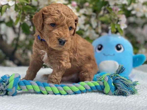 TEACUP GOLDENDOODLE PUPPIES, Precious Doodle Dogs, Teacup Doodle Dogs, Goldendoodle, Doodle Dog, Golden Doodles, Goldendoodle for sale, Goldendoodle puppies for sale, Miniature goldendoodle, goldendoodle puppies, mini goldendoodle, mini puppies, mini goldendoodle size, Mini Doodle Dogs, f1 goldendoodle, golden retriever poodle, chocolate goldendoodle, small doodles, goldendoodle temperament, goldendoodle colors, goldendoodle price, white goldendoodle, f2 goldendoodle, mini goldendoodle price, mini goldendoodle full grown, f1 mini goldendoodle, f1b goldendoodle, parti goldendoodle, goldendoodles near me, english goldendoodle, australian goldendoodle, red goldendoodle, doodle breeds, brown goldendoodle, goldendoodle cost, adult mini goldendoodle, golden noodle dog, doodle dog breeds, miniature golden doodle, miniature puppies, golden retriever poodle mix, A Star is Born, A star is born goldendoodle, a star is born dog, Bradley Cooper's Dog, Bradley Cooper Dog, Bradley Cooper's Goldendoodle, arizona goldendoodles, goldendoodle training, goldendoodle size, how big do mini goldendoodles get, goldendoodle full grown, baby goldendoodle, goldendoodle houston, golden doodles for sale, adult goldendoodle, apricot goldendoodle, goldendoodle grooming, mini golden doodles, goldendoodle shedding, f2b goldendoodle, goldendoodle hypoallergenic, goldendoodle names, english cream goldendoodle, golden retriever and poodle mix, mini goldendoodle puppies, micro goldendoodle, mini goldendoodle puppies for sale, miniature goldendoodle for sale, goldendoodle puppies for adoption, teddy bear goldendoodle, mini goldendoodle rescue, medium goldendoodle, black goldendoodle, mini goldendoodle for sale near me, goldendoodle puppies for sale near me, mini doodle, doodle puppies, mini goldendoodle for sale, goldendoodle breeders near me, miniature goldendoodle for sale near me, toy goldendoodle, petite goldendoodle, golden doodle dog, miniature goldendoodle puppies, mini goldendoodle puppies for sale near me, goldendoodles for sale near me, mini goldedoodle breeders, goldendoodle adoption, f1b mini goldendoodle, small goldendoodle, teacup goldendoodle, goldendoodle puppies near me, goldendoodle breeders, how to groom a goldendoodle, great doodle puppies, golden doodle mix, goldendoodle tampa, goldendoodle facts, white doodle dog, white goldendoodle puppy, mini goldendoodle maryland, country mini doodles, goldendoodle los angeles, toy labradoodle puppies for sale, types of goldendoodles, mini golden retriever puppies, golden goldendoodle, mini golden retriever puppies for sale, miniature australian goldendoodle, goldendoodle sacramento, goldendoodle omaha, labradoodle goldendoodle, f1 medium goldendoodle, BEST goldendoodles, pictures of mini goldendoodles, teacup goldendoodle full grown, micro mini goldendoodle full grown, toy goldendoodle price, goldendoodle chicago, retriever doodle, teacup goldendoodle puppies for sale, cute goldendoodle, mini teddy bear puppies, miniature goldendoodle full grown, f2 mini goldendoodle, goldendoodle spokane, mini goldendoodle chicago, micro mini goldendoodle, how nbig do miniature goldendoodles get, brown mini goldendoodle, mini doodle breeds, poodle doodle dog, what is a mini goldendoodle, black mini goldendoodle, mini irish doodle puppies for sale, f1b goldendoodle size, toy golden doodles, chocolate brown goldendoodle puppies for sale, petite goldendoodle full grown, goldendoodle behavior, american goldendoodle, f1b medium goldendoodle, goldendoodle puppy cost, cute goldendoodle puppies, goldendoodle indianapolis, teddy goldendoodle, mini goldendoodle weight, teddy bear golden doodles, f1b goldendoodle puppies for sale, miniature goldendoodle size, chocolate goldendoodle puppy, english cream mini goldendoodle, doodle puppies near me, red miniature goldendoodle, cream goldendoodle, goldendoodle puppy cut, mini goldendoodle hypoallergenic, dog breed goldendoodle, goldendoodle poodle mixes, goldendoodle allergies, goldendoodle info, sandy ridge goldendoodles, lakeshore goldendoodles, toy goldendoodle puppies for sale, labradoodle and goldendoodle, goldendoodle las vegas, goldendoodle phoenix, doodle breeders near me, miniature goldendoodle weight, black and white goldendoodle, sarasota goldendoodles, mini goldendoodle dallas, a goldendoodle, what is a goldendoodle, goldendoodle dallas, mini golden doodles for sale, ginger doodle puppy, how much does a mini goldendoodle cost, goldendoodle san antonio, goldendoodle photos, goldendoodle cuts, chocolate mini goldendoodle, all about goldendoodles, goldendoodle cincinnati, black doodle dog, goldendoodle weight, miniature goldendoodle breeders, goldendoodle information, miniature goldendoodle puppies for sale, doodle puppies for sale near me, black labradoodle puppies for sale, goldendoodle seattle, golden doodles near me, teacup goldendoodle for sale, golden retriever poodle puppy, goldendoodle rochester ny, goldendoodle and poodle mix, akc goldendoodle, goldendoodle kansas city, mini goldendoodle facts, goldendoodle austin, goldendoodle doodle, goldendoodle tulsa, curly goldendoodle, brown goldendoodle puppies, f1b labradoodle puppies for sale, red mini goldendoodle, goldendoodle poodle, chocolate goldendoodle for sale, tiny goldendoodle, goldendoodle puppies breeders, english goldendoodle puppies for sale, mini golden labradoodle, f1b mini teddy bear goldendoodles, red goldendoodle puppies for sale, miniature golden retriever breeders, f1 goldendoodles for sale, teacup goldendoodle puppies, toy mini goldendoodle, xs petite goldendoodle, f2 goldendoodle puppies for sale, mini goldendoodle cost, black goldendoodle for sale, english teddy bear goldendoodle, small doodle dogs, goldendoodle nashville, english goldendoodle puppies, golden retriever poodle mix for sale, red goldendoodle puppy, parti goldendoodles for sale, english cream goldendoodles for sale, doodle puppies for sale, golden retriever poodle mix puppies, goldendoodle tucson, f1b mini goldendoodle puppies for sale, mini goldendoodle breeders northeast, teddy bear goldendoodle, toy goldendoodle rescue, petite mini goldendoodle, goldendoodle stuff, mini goldendoodles near me, teddy bear goldendoodle puppies, f1 goldendoodle puppies, teddy bear goldendoodles for sale, silver goldendoodle, buy goldendoodle, mini golden doodle dog, teddy bear goldendoodles mini, micro mini goldendoodle puppies for sale, goldendoodle dogs for sale, best goldendoodle breeders, chocolate goldendoodle puppies for sale, doodle dogs for sale, toy goldendoodle puppies, mini doodle dog, toy goldendoodle breeders, doodles for sale, goldendoodle hypoallergenic dog, mini goldendoodle breeders near me, english goldendoodle breeders, f1b mini goldendoodle for sale, teacup goldendoodle price, petite goldendoodle for sale, mini english goldendoodle, mini goldendoodle info, miniature goldendoodle puppies for sale near me, black goldendoodle puppies for sale, f1 goldendoodle puppies for sale, Teacup Goldendoodles AL, Teacup Goldendoodles AK, Teacup Goldendoodles AZ, Teacup Goldendoodles AR, Teacup Goldendoodles CA, Teacup Goldendoodles CO, Teacup Goldendoodles CT, Teacup Goldendoodles DE, Teacup Goldendoodles FL, Teacup Goldendoodles GA, Teacup Goldendoodles HI, Teacup Goldendoodles ID, Teacup Goldendoodles IL, Teacup Goldendoodles IN, Teacup Goldendoodles IA, Teacup Goldendoodles KS, Teacup Goldendoodles KY, Teacup Goldendoodles LA, Teacup Goldendoodles ME, Teacup Goldendoodles MD, Teacup Goldendoodles MA, Teacup Goldendoodles MI, Teacup Goldendoodles MN, Teacup Goldendoodles MS, Teacup Goldendoodles MO, Teacup Goldendoodles MT, Teacup Goldendoodles NE, Teacup Goldendoodles NV, Teacup Goldendoodles NH, Teacup Goldendoodles NJ, Teacup Goldendoodles NM, Teacup Goldendoodles NY, Teacup Goldendoodles NC, Teacup Goldendoodles ND, Teacup Goldendoodles OH, Teacup Goldendoodles OK, Teacup Goldendoodles OR, Teacup Goldendoodles PA, Teacup Goldendoodles RI, Teacup Goldendoodles SC, Teacup Goldendoodles SD, Teacup Goldendoodles TN, Teacup Goldendoodles TX, Teacup Goldendoodles UT, Teacup Goldendoodles VT, Teacup Goldendoodles VA, Teacup Goldendoodles WA, Teacup Goldendoodles WV, Teacup Goldendoodles WI, Teacup Goldendoodles WY, Teacup Golden Doodles AL, Teacup Golden Doodles AK, Teacup Golden Doodles AZ, Teacup Golden Doodles AR, Teacup Golden Doodles CA, Teacup Golden Doodles CO, Teacup Golden Doodles CT, Teacup Golden Doodles DE, Teacup Golden Doodles FL, Teacup Golden Doodles GA, Teacup Golden Doodles HI, Teacup Golden Doodles ID, Teacup Golden Doodles IL, Teacup Golden Doodles IN, Teacup Golden Doodles IA, Teacup Golden Doodles KS, Teacup Golden Doodles KY, Teacup Golden Doodles LA, Teacup Golden Doodles ME, Teacup Golden Doodles MD, Teacup Golden Doodles MA, Teacup Golden Doodles MI, Teacup Golden Doodles MN, Teacup Golden Doodles MS, Teacup Golden Doodles MO, Teacup Golden Doodles MT, Teacup Golden Doodles NE, Teacup Golden Doodles NV, Teacup Golden Doodles NH, Teacup Golden Doodles NJ, Teacup Golden Doodles NM, Teacup Golden Doodles NY, Teacup Golden Doodles NC, Teacup Golden Doodles ND, Teacup Golden Doodles OH, Teacup Golden Doodles OK, Teacup Golden Doodles OR, Teacup Golden Doodles PA, Teacup Golden Doodles RI, Teacup Golden Doodles SC, Teacup Golden Doodles SD, Teacup Golden Doodles TN, Teacup Golden Doodles TX, Teacup Golden Doodles UT, Teacup Golden Doodles VT, Teacup Golden Doodles VA, Teacup Golden Doodles WA, Teacup Golden Doodles WV, Teacup Golden Doodles WI, Teacup Golden Doodles WY, Toy Goldendoodle Alabama, Toy Goldendoodle Alaska, Toy Goldendoodle Arizona, Toy Goldendoodle Arkansas, Toy Goldendoodle California, Toy Goldendoodle Colorado, Toy Goldendoodle Connecticut, Toy Goldendoodle Delaware, Toy Goldendoodle Florida, Toy Goldendoodle Georgia, Toy Goldendoodle Hawaii, Toy Goldendoodle Idaho, Toy Goldendoodle Illinois, Toy Goldendoodle Indiana, Toy Goldendoodle Iowa, Toy Goldendoodle Kansas, Toy Goldendoodle Kentucky, Toy Goldendoodle Louisiana, Toy Goldendoodle Maine, Toy Goldendoodle Maryland, Toy Goldendoodle Massachusetts, Toy Goldendoodle Michigan, Toy Goldendoodle Minnesota, Toy Goldendoodle Mississippi, Toy Goldendoodle Missouri, Toy Goldendoodle Montana, Toy Goldendoodle Nebraska, Toy Goldendoodle Nevada, Toy Goldendoodle New Hampshire, Toy Goldendoodle New Jersey, Toy Goldendoodle New Mexico, Toy Goldendoodle New York, Toy Goldendoodle North Carolina, Toy Goldendoodle North Dakota, Toy Goldendoodle Ohio, Toy Goldendoodle Oklahoma, Toy Goldendoodle Oregon, Toy Goldendoodle Pennsylvania, Toy Goldendoodle Rhode Island, Toy Goldendoodle South Carolina, Toy Goldendoodle South Dakota, Toy Goldendoodle Tennessee, Toy Goldendoodle Texas, Toy Goldendoodle Utah, Toy Goldendoodle Vermont, Toy Goldendoodle Virginia, Toy Goldendoodle Washington, Toy Goldendoodle West Virginia, Toy Goldendoodle Wisconsin, Toy Goldendoodle Wyoming, Teacup Goldendoodle breeders AL, Teacup Goldendoodle breeders AK, Teacup Goldendoodle breeders AZ, Teacup Goldendoodle breeders AR, Teacup Goldendoodle breeders CA, Teacup Goldendoodle breeders CO, Teacup Goldendoodle breeders CT, Teacup Goldendoodle breeders DE, Teacup Goldendoodle breeders FL, Teacup Goldendoodle breeders GA, Teacup Goldendoodle breeders HI, Teacup Goldendoodle breeders ID, Teacup Goldendoodle breeders IL, Teacup Goldendoodle breeders IN, Teacup Goldendoodle breeders IA, Teacup Goldendoodle breeders KS, Teacup Goldendoodle breeders KY, Teacup Goldendoodle breeders LA, Teacup Goldendoodle breeders ME, Teacup Goldendoodle breeders MD, Teacup Goldendoodle breeders MA, Teacup Goldendoodle breeders MI, Teacup Goldendoodle breeders MN, Teacup Goldendoodle breeders MS, Teacup Goldendoodle breeders MO, Teacup Goldendoodle breeders MT, Teacup Goldendoodle breeders NE, Teacup Goldendoodle breeders NV, Teacup Goldendoodle breeders NH, Teacup Goldendoodle breeders NJ, Teacup Goldendoodle breeders NM, Teacup Goldendoodle breeders NY, Teacup Goldendoodle breeders NC, Teacup Goldendoodle breeders ND, Teacup Goldendoodle breeders OH, Teacup Goldendoodle breeders OK, Teacup Goldendoodle breeders OR, Teacup Goldendoodle breeders PA, Teacup Goldendoodle breeders RI, Teacup Goldendoodle breeders SC, Teacup Goldendoodle breeders SD, Teacup Goldendoodle breeders TN, Teacup Goldendoodle breeders TX, Teacup Goldendoodle breeders UT, Teacup Goldendoodle breeders VT, Teacup Goldendoodle breeders VA, Teacup Goldendoodle breeders WA, Teacup Goldendoodle breeders WV, Teacup Goldendoodle breeders WI, Teacup Goldendoodle breeders WY, Teacup Golden doodle puppies for sale in AL, Teacup Golden doodle puppies for sale in AK, Teacup Golden doodle puppies for sale in AZ, Teacup Golden doodle puppies for sale in AR, Teacup Golden doodle puppies for sale in CA, Teacup Golden doodle puppies for sale in CO, Teacup Golden doodle puppies for sale in CT, Teacup Golden doodle puppies for sale in DE, Teacup Golden doodle puppies for sale in FL, Teacup Golden doodle puppies for sale in GA, Teacup Golden doodle puppies for sale in HI, Teacup Golden doodle puppies for sale in ID, Teacup Golden doodle puppies for sale in IL, Teacup Golden doodle puppies for sale in IN, Teacup Golden doodle puppies for sale in IA, Teacup Golden doodle puppies for sale in KS, Teacup Golden doodle puppies for sale in KY, Teacup Golden doodle puppies for sale in LA, Teacup Golden doodle puppies for sale in ME, Teacup Golden doodle puppies for sale in MD, Teacup Golden doodle puppies for sale in MA, Teacup Golden doodle puppies for sale in MI, Teacup Golden doodle puppies for sale in MN, Teacup Golden doodle puppies for sale in MS, Teacup Golden doodle puppies for sale in MO, Teacup Golden doodle puppies for sale in MT, Teacup Golden doodle puppies for sale in NE, Teacup Golden doodle puppies for sale in NV, Teacup Golden doodle puppies for sale in NH, Teacup Golden doodle puppies for sale in NJ, Teacup Golden doodle puppies for sale in NM, Teacup Golden doodle puppies for sale in NY, Teacup Golden doodle puppies for sale in NC, Teacup Golden doodle puppies for sale in ND, Teacup Golden doodle puppies for sale in OH, Teacup Golden doodle puppies for sale in OK, Teacup Golden doodle puppies for sale in OR, Teacup Golden doodle puppies for sale in PA, Teacup Golden doodle puppies for sale in RI, Teacup Golden doodle puppies for sale in SC, Teacup Golden doodle puppies for sale in SD, Teacup Golden doodle puppies for sale in TN, Teacup Golden doodle puppies for sale in TX, Teacup Golden doodle puppies for sale in UT, Teacup Golden doodle puppies for sale in VT, Teacup Golden doodle puppies for sale in VA, Teacup Golden doodle puppies for sale in WA, Teacup Golden doodle puppies for sale in WV, Teacup Golden doodle puppies for sale in WI, Teacup Golden doodle puppies for sale in WY, Teacup Goldendoodles for sale in AL, Teacup Goldendoodles for sale in AK, Teacup Goldendoodles for sale in AZ, Teacup Goldendoodles for sale in AR, Teacup Goldendoodles for sale in CA, Teacup Goldendoodles for sale in CO, Teacup Goldendoodles for sale in CT, Teacup Goldendoodles for sale in DE, Teacup Goldendoodles for sale in FL, Teacup Goldendoodles for sale in GA, Teacup Goldendoodles for sale in HI, Teacup Goldendoodles for sale in ID, Teacup Goldendoodles for sale in IL, Teacup Goldendoodles for sale in IN, Teacup Goldendoodles for sale in IA, Teacup Goldendoodles for sale in KS, Teacup Goldendoodles for sale in KY, Teacup Goldendoodles for sale in LA, Teacup Goldendoodles for sale in ME, Teacup Goldendoodles for sale in MD, Teacup Goldendoodles for sale in MA, Teacup Goldendoodles for sale in MI, Teacup Goldendoodles for sale in MN, Teacup Goldendoodles for sale in MS, Teacup Goldendoodles for sale in MO, Teacup Goldendoodles for sale in MT, Teacup Goldendoodles for sale in NE, Teacup Goldendoodles for sale in NV, Teacup Goldendoodles for sale in NH, Teacup Goldendoodles for sale in NJ, Teacup Goldendoodles for sale in NM, Teacup Goldendoodles for sale in NY, Teacup Goldendoodles for sale in NC, Teacup Goldendoodles for sale in ND, Teacup Goldendoodles for sale in OH, Teacup Goldendoodles for sale in OK, Teacup Goldendoodles for sale in OR, Teacup Goldendoodles for sale in PA, Teacup Goldendoodles for sale in RI, Teacup Goldendoodles for sale in SC, Teacup Goldendoodles for sale in SD, Teacup Goldendoodles for sale in TN, Teacup Goldendoodles for sale in TX, Teacup Goldendoodles for sale in UT, Teacup Goldendoodles for sale in VT, Teacup Goldendoodles for sale in VA, Teacup Goldendoodles for sale in WA, Teacup Goldendoodles for sale in WV, Teacup Goldendoodles for sale in WI, Teacup Goldendoodles for sale in WY, Teacup Goldendoodle Alabama, Teacup Goldendoodle Alaska, Teacup Goldendoodle Arizona, Teacup Goldendoodle Arkansas, Teacup Goldendoodle California, Teacup Goldendoodle Colorado, Teacup Goldendoodle Connecticut, Teacup Goldendoodle Delaware, Teacup Goldendoodle Florida, Teacup Goldendoodle Georgia, Teacup Goldendoodle Hawaii, Teacup Goldendoodle Idaho, Teacup Goldendoodle Illinois, Teacup Goldendoodle Indiana, Teacup Goldendoodle Iowa, Teacup Goldendoodle Kansas, Teacup Goldendoodle Kentucky, Teacup Goldendoodle Louisiana, Teacup Goldendoodle Maine, Teacup Goldendoodle Maryland, Teacup Goldendoodle Massachusetts, Teacup Goldendoodle Michigan, Teacup Goldendoodle Minnesota, Teacup Goldendoodle Mississippi, Teacup Goldendoodle Missouri, Teacup Goldendoodle Montana, Teacup Goldendoodle Nebraska, Teacup Goldendoodle Nevada, Teacup Goldendoodle New Hampshire, Teacup Goldendoodle New Jersey, Teacup Goldendoodle New Mexico, Teacup Goldendoodle New York, Teacup Goldendoodle North Carolina, Teacup Goldendoodle North Dakota, Teacup Goldendoodle Ohio, Teacup Goldendoodle Oklahoma, Teacup Goldendoodle Oregon, Teacup Goldendoodle Pennsylvania, Teacup Goldendoodle Rhode Island, Teacup Goldendoodle South Carolina, Teacup Goldendoodle South Dakota, Teacup Goldendoodle Tennessee, Teacup Goldendoodle Texas, Teacup Goldendoodle Utah, Teacup Goldendoodle Vermont, Teacup Goldendoodle Virginia, Teacup Goldendoodle Washington, Teacup Goldendoodle West Virginia, Teacup Goldendoodle Wisconsin, Teacup Goldendoodle Wyoming, Goldendoodle Breeders AL, Goldendoodle Breeders AK, Goldendoodle Breeders AZ, Goldendoodle Breeders AR, Goldendoodle Breeders CA, Goldendoodle Breeders CO, Goldendoodle Breeders CT, Goldendoodle Breeders DE, Goldendoodle Breeders FL, Goldendoodle Breeders GA, Goldendoodle Breeders HI, Goldendoodle Breeders ID, Goldendoodle Breeders IL, Goldendoodle Breeders IN, Goldendoodle Breeders IA, Goldendoodle Breeders KS, Goldendoodle Breeders KY, Goldendoodle Breeders LA, Goldendoodle Breeders ME, Goldendoodle Breeders MD, Goldendoodle Breeders MA, Goldendoodle Breeders MI, Goldendoodle Breeders MN, Goldendoodle Breeders MS, Goldendoodle Breeders MO, Goldendoodle Breeders MT, Goldendoodle Breeders NE, Goldendoodle Breeders NV, Goldendoodle Breeders NH, Goldendoodle Breeders NJ, Goldendoodle Breeders NM, Goldendoodle Breeders NY, Goldendoodle Breeders NC, Goldendoodle Breeders ND, Goldendoodle Breeders OH, Goldendoodle Breeders OK, Goldendoodle Breeders OR, Goldendoodle Breeders PA, Goldendoodle Breeders RI, Goldendoodle Breeders SC, Goldendoodle Breeders SD, Goldendoodle Breeders TN, Goldendoodle Breeders TX, Goldendoodle Breeders UT, Goldendoodle Breeders VT, Goldendoodle Breeders VA, Goldendoodle Breeders WA, Goldendoodle Breeders WV, Goldendoodle Breeders WI, Goldendoodle Breeders WY, Teacup Golden doodles for sale in AL, Teacup Golden doodles for sale in AK, Teacup Golden doodles for sale in AZ, Teacup Golden doodles for sale in AR, Teacup Golden doodles for sale in CA, Teacup Golden doodles for sale in CO, Teacup Golden doodles for sale in CT, Teacup Golden doodles for sale in DE, Teacup Golden doodles for sale in FL, Teacup Golden doodles for sale in GA, Teacup Golden doodles for sale in HI, Teacup Golden doodles for sale in ID, Teacup Golden doodles for sale in IL, Teacup Golden doodles for sale in IN, Teacup Golden doodles for sale in IA, Teacup Golden doodles for sale in KS, Teacup Golden doodles for sale in KY, Teacup Golden doodles for sale in LA, Teacup Golden doodles for sale in ME, Teacup Golden doodles for sale in MD, Teacup Golden doodles for sale in MA, Teacup Golden doodles for sale in MI, Teacup Golden doodles for sale in MN, Teacup Golden doodles for sale in MS, Teacup Golden doodles for sale in MO, Teacup Golden doodles for sale in MT, Teacup Golden doodles for sale in NE, Teacup Golden doodles for sale in NV, Teacup Golden doodles for sale in NH, Teacup Golden doodles for sale in NJ, Teacup Golden doodles for sale in NM, Teacup Golden doodles for sale in NY, Teacup Golden doodles for sale in NC, Teacup Golden doodles for sale in ND, Teacup Golden doodles for sale in OH, Teacup Golden doodles for sale in OK, Teacup Golden doodles for sale in OR, Teacup Golden doodles for sale in PA, Teacup Golden doodles for sale in RI, Teacup Golden doodles for sale in SC, Teacup Golden doodles for sale in SD, Teacup Golden doodles for sale in TN, Teacup Golden doodles for sale in TX, Teacup Golden doodles for sale in UT, Teacup Golden doodles for sale in VT, Teacup Golden doodles for sale in VA, Teacup Golden doodles for sale in WA, Teacup Golden doodles for sale in WV, Teacup Golden doodles for sale in WI, Teacup Golden doodles for sale in WY,