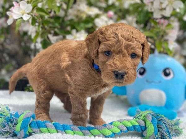 TEACUP GOLDENDOODLE PUPPIES, Precious Doodle Dogs, Teacup Doodle Dogs, Goldendoodle, Doodle Dog, Golden Doodles, Goldendoodle for sale, Goldendoodle puppies for sale, Miniature goldendoodle, goldendoodle puppies, mini goldendoodle, mini puppies, mini goldendoodle size, Mini Doodle Dogs, f1 goldendoodle, golden retriever poodle, chocolate goldendoodle, small doodles, goldendoodle temperament, goldendoodle colors, goldendoodle price, white goldendoodle, f2 goldendoodle, mini goldendoodle price, mini goldendoodle full grown, f1 mini goldendoodle, f1b goldendoodle, parti goldendoodle, goldendoodles near me, english goldendoodle, australian goldendoodle, red goldendoodle, doodle breeds, brown goldendoodle, goldendoodle cost, adult mini goldendoodle, golden noodle dog, doodle dog breeds, miniature golden doodle, miniature puppies, golden retriever poodle mix, A Star is Born, A star is born goldendoodle, a star is born dog, Bradley Cooper's Dog, Bradley Cooper Dog, Bradley Cooper's Goldendoodle, arizona goldendoodles, goldendoodle training, goldendoodle size, how big do mini goldendoodles get, goldendoodle full grown, baby goldendoodle, goldendoodle houston, golden doodles for sale, adult goldendoodle, apricot goldendoodle, goldendoodle grooming, mini golden doodles, goldendoodle shedding, f2b goldendoodle, goldendoodle hypoallergenic, goldendoodle names, english cream goldendoodle, golden retriever and poodle mix, mini goldendoodle puppies, micro goldendoodle, mini goldendoodle puppies for sale, miniature goldendoodle for sale, goldendoodle puppies for adoption, teddy bear goldendoodle, mini goldendoodle rescue, medium goldendoodle, black goldendoodle, mini goldendoodle for sale near me, goldendoodle puppies for sale near me, mini doodle, doodle puppies, mini goldendoodle for sale, goldendoodle breeders near me, miniature goldendoodle for sale near me, toy goldendoodle, petite goldendoodle, golden doodle dog, miniature goldendoodle puppies, mini goldendoodle puppies for sale near me, goldendoodles for sale near me, mini goldedoodle breeders, goldendoodle adoption, f1b mini goldendoodle, small goldendoodle, teacup goldendoodle, goldendoodle puppies near me, goldendoodle breeders, how to groom a goldendoodle, great doodle puppies, golden doodle mix, goldendoodle tampa, goldendoodle facts, white doodle dog, white goldendoodle puppy, mini goldendoodle maryland, country mini doodles, goldendoodle los angeles, toy labradoodle puppies for sale, types of goldendoodles, mini golden retriever puppies, golden goldendoodle, mini golden retriever puppies for sale, miniature australian goldendoodle, goldendoodle sacramento, goldendoodle omaha, labradoodle goldendoodle, f1 medium goldendoodle, BEST goldendoodles, pictures of mini goldendoodles, teacup goldendoodle full grown, micro mini goldendoodle full grown, toy goldendoodle price, goldendoodle chicago, retriever doodle, teacup goldendoodle puppies for sale, cute goldendoodle, mini teddy bear puppies, miniature goldendoodle full grown, f2 mini goldendoodle, goldendoodle spokane, mini goldendoodle chicago, micro mini goldendoodle, how nbig do miniature goldendoodles get, brown mini goldendoodle, mini doodle breeds, poodle doodle dog, what is a mini goldendoodle, black mini goldendoodle, mini irish doodle puppies for sale, f1b goldendoodle size, toy golden doodles, chocolate brown goldendoodle puppies for sale, petite goldendoodle full grown, goldendoodle behavior, american goldendoodle, f1b medium goldendoodle, goldendoodle puppy cost, cute goldendoodle puppies, goldendoodle indianapolis, teddy goldendoodle, mini goldendoodle weight, teddy bear golden doodles, f1b goldendoodle puppies for sale, miniature goldendoodle size, chocolate goldendoodle puppy, english cream mini goldendoodle, doodle puppies near me, red miniature goldendoodle, cream goldendoodle, goldendoodle puppy cut, mini goldendoodle hypoallergenic, dog breed goldendoodle, goldendoodle poodle mixes, goldendoodle allergies, goldendoodle info, sandy ridge goldendoodles, lakeshore goldendoodles, toy goldendoodle puppies for sale, labradoodle and goldendoodle, goldendoodle las vegas, goldendoodle phoenix, doodle breeders near me, miniature goldendoodle weight, black and white goldendoodle, sarasota goldendoodles, mini goldendoodle dallas, a goldendoodle, what is a goldendoodle, goldendoodle dallas, mini golden doodles for sale, ginger doodle puppy, how much does a mini goldendoodle cost, goldendoodle san antonio, goldendoodle photos, goldendoodle cuts, chocolate mini goldendoodle, all about goldendoodles, goldendoodle cincinnati, black doodle dog, goldendoodle weight, miniature goldendoodle breeders, goldendoodle information, miniature goldendoodle puppies for sale, doodle puppies for sale near me, black labradoodle puppies for sale, goldendoodle seattle, golden doodles near me, teacup goldendoodle for sale, golden retriever poodle puppy, goldendoodle rochester ny, goldendoodle and poodle mix, akc goldendoodle, goldendoodle kansas city, mini goldendoodle facts, goldendoodle austin, goldendoodle doodle, goldendoodle tulsa, curly goldendoodle, brown goldendoodle puppies, f1b labradoodle puppies for sale, red mini goldendoodle, goldendoodle poodle, chocolate goldendoodle for sale, tiny goldendoodle, goldendoodle puppies breeders, english goldendoodle puppies for sale, mini golden labradoodle, f1b mini teddy bear goldendoodles, red goldendoodle puppies for sale, miniature golden retriever breeders, f1 goldendoodles for sale, teacup goldendoodle puppies, toy mini goldendoodle, xs petite goldendoodle, f2 goldendoodle puppies for sale, mini goldendoodle cost, black goldendoodle for sale, english teddy bear goldendoodle, small doodle dogs, goldendoodle nashville, english goldendoodle puppies, golden retriever poodle mix for sale, red goldendoodle puppy, parti goldendoodles for sale, english cream goldendoodles for sale, doodle puppies for sale, golden retriever poodle mix puppies, goldendoodle tucson, f1b mini goldendoodle puppies for sale, mini goldendoodle breeders northeast, teddy bear goldendoodle, toy goldendoodle rescue, petite mini goldendoodle, goldendoodle stuff, mini goldendoodles near me, teddy bear goldendoodle puppies, f1 goldendoodle puppies, teddy bear goldendoodles for sale, silver goldendoodle, buy goldendoodle, mini golden doodle dog, teddy bear goldendoodles mini, micro mini goldendoodle puppies for sale, goldendoodle dogs for sale, best goldendoodle breeders, chocolate goldendoodle puppies for sale, doodle dogs for sale, toy goldendoodle puppies, mini doodle dog, toy goldendoodle breeders, doodles for sale, goldendoodle hypoallergenic dog, mini goldendoodle breeders near me, english goldendoodle breeders, f1b mini goldendoodle for sale, teacup goldendoodle price, petite goldendoodle for sale, mini english goldendoodle, mini goldendoodle info, miniature goldendoodle puppies for sale near me, black goldendoodle puppies for sale, f1 goldendoodle puppies for sale, Teacup Goldendoodles AL, Teacup Goldendoodles AK, Teacup Goldendoodles AZ, Teacup Goldendoodles AR, Teacup Goldendoodles CA, Teacup Goldendoodles CO, Teacup Goldendoodles CT, Teacup Goldendoodles DE, Teacup Goldendoodles FL, Teacup Goldendoodles GA, Teacup Goldendoodles HI, Teacup Goldendoodles ID, Teacup Goldendoodles IL, Teacup Goldendoodles IN, Teacup Goldendoodles IA, Teacup Goldendoodles KS, Teacup Goldendoodles KY, Teacup Goldendoodles LA, Teacup Goldendoodles ME, Teacup Goldendoodles MD, Teacup Goldendoodles MA, Teacup Goldendoodles MI, Teacup Goldendoodles MN, Teacup Goldendoodles MS, Teacup Goldendoodles MO, Teacup Goldendoodles MT, Teacup Goldendoodles NE, Teacup Goldendoodles NV, Teacup Goldendoodles NH, Teacup Goldendoodles NJ, Teacup Goldendoodles NM, Teacup Goldendoodles NY, Teacup Goldendoodles NC, Teacup Goldendoodles ND, Teacup Goldendoodles OH, Teacup Goldendoodles OK, Teacup Goldendoodles OR, Teacup Goldendoodles PA, Teacup Goldendoodles RI, Teacup Goldendoodles SC, Teacup Goldendoodles SD, Teacup Goldendoodles TN, Teacup Goldendoodles TX, Teacup Goldendoodles UT, Teacup Goldendoodles VT, Teacup Goldendoodles VA, Teacup Goldendoodles WA, Teacup Goldendoodles WV, Teacup Goldendoodles WI, Teacup Goldendoodles WY, Teacup Golden Doodles AL, Teacup Golden Doodles AK, Teacup Golden Doodles AZ, Teacup Golden Doodles AR, Teacup Golden Doodles CA, Teacup Golden Doodles CO, Teacup Golden Doodles CT, Teacup Golden Doodles DE, Teacup Golden Doodles FL, Teacup Golden Doodles GA, Teacup Golden Doodles HI, Teacup Golden Doodles ID, Teacup Golden Doodles IL, Teacup Golden Doodles IN, Teacup Golden Doodles IA, Teacup Golden Doodles KS, Teacup Golden Doodles KY, Teacup Golden Doodles LA, Teacup Golden Doodles ME, Teacup Golden Doodles MD, Teacup Golden Doodles MA, Teacup Golden Doodles MI, Teacup Golden Doodles MN, Teacup Golden Doodles MS, Teacup Golden Doodles MO, Teacup Golden Doodles MT, Teacup Golden Doodles NE, Teacup Golden Doodles NV, Teacup Golden Doodles NH, Teacup Golden Doodles NJ, Teacup Golden Doodles NM, Teacup Golden Doodles NY, Teacup Golden Doodles NC, Teacup Golden Doodles ND, Teacup Golden Doodles OH, Teacup Golden Doodles OK, Teacup Golden Doodles OR, Teacup Golden Doodles PA, Teacup Golden Doodles RI, Teacup Golden Doodles SC, Teacup Golden Doodles SD, Teacup Golden Doodles TN, Teacup Golden Doodles TX, Teacup Golden Doodles UT, Teacup Golden Doodles VT, Teacup Golden Doodles VA, Teacup Golden Doodles WA, Teacup Golden Doodles WV, Teacup Golden Doodles WI, Teacup Golden Doodles WY, Toy Goldendoodle Alabama, Toy Goldendoodle Alaska, Toy Goldendoodle Arizona, Toy Goldendoodle Arkansas, Toy Goldendoodle California, Toy Goldendoodle Colorado, Toy Goldendoodle Connecticut, Toy Goldendoodle Delaware, Toy Goldendoodle Florida, Toy Goldendoodle Georgia, Toy Goldendoodle Hawaii, Toy Goldendoodle Idaho, Toy Goldendoodle Illinois, Toy Goldendoodle Indiana, Toy Goldendoodle Iowa, Toy Goldendoodle Kansas, Toy Goldendoodle Kentucky, Toy Goldendoodle Louisiana, Toy Goldendoodle Maine, Toy Goldendoodle Maryland, Toy Goldendoodle Massachusetts, Toy Goldendoodle Michigan, Toy Goldendoodle Minnesota, Toy Goldendoodle Mississippi, Toy Goldendoodle Missouri, Toy Goldendoodle Montana, Toy Goldendoodle Nebraska, Toy Goldendoodle Nevada, Toy Goldendoodle New Hampshire, Toy Goldendoodle New Jersey, Toy Goldendoodle New Mexico, Toy Goldendoodle New York, Toy Goldendoodle North Carolina, Toy Goldendoodle North Dakota, Toy Goldendoodle Ohio, Toy Goldendoodle Oklahoma, Toy Goldendoodle Oregon, Toy Goldendoodle Pennsylvania, Toy Goldendoodle Rhode Island, Toy Goldendoodle South Carolina, Toy Goldendoodle South Dakota, Toy Goldendoodle Tennessee, Toy Goldendoodle Texas, Toy Goldendoodle Utah, Toy Goldendoodle Vermont, Toy Goldendoodle Virginia, Toy Goldendoodle Washington, Toy Goldendoodle West Virginia, Toy Goldendoodle Wisconsin, Toy Goldendoodle Wyoming, Teacup Goldendoodle breeders AL, Teacup Goldendoodle breeders AK, Teacup Goldendoodle breeders AZ, Teacup Goldendoodle breeders AR, Teacup Goldendoodle breeders CA, Teacup Goldendoodle breeders CO, Teacup Goldendoodle breeders CT, Teacup Goldendoodle breeders DE, Teacup Goldendoodle breeders FL, Teacup Goldendoodle breeders GA, Teacup Goldendoodle breeders HI, Teacup Goldendoodle breeders ID, Teacup Goldendoodle breeders IL, Teacup Goldendoodle breeders IN, Teacup Goldendoodle breeders IA, Teacup Goldendoodle breeders KS, Teacup Goldendoodle breeders KY, Teacup Goldendoodle breeders LA, Teacup Goldendoodle breeders ME, Teacup Goldendoodle breeders MD, Teacup Goldendoodle breeders MA, Teacup Goldendoodle breeders MI, Teacup Goldendoodle breeders MN, Teacup Goldendoodle breeders MS, Teacup Goldendoodle breeders MO, Teacup Goldendoodle breeders MT, Teacup Goldendoodle breeders NE, Teacup Goldendoodle breeders NV, Teacup Goldendoodle breeders NH, Teacup Goldendoodle breeders NJ, Teacup Goldendoodle breeders NM, Teacup Goldendoodle breeders NY, Teacup Goldendoodle breeders NC, Teacup Goldendoodle breeders ND, Teacup Goldendoodle breeders OH, Teacup Goldendoodle breeders OK, Teacup Goldendoodle breeders OR, Teacup Goldendoodle breeders PA, Teacup Goldendoodle breeders RI, Teacup Goldendoodle breeders SC, Teacup Goldendoodle breeders SD, Teacup Goldendoodle breeders TN, Teacup Goldendoodle breeders TX, Teacup Goldendoodle breeders UT, Teacup Goldendoodle breeders VT, Teacup Goldendoodle breeders VA, Teacup Goldendoodle breeders WA, Teacup Goldendoodle breeders WV, Teacup Goldendoodle breeders WI, Teacup Goldendoodle breeders WY, Teacup Golden doodle puppies for sale in AL, Teacup Golden doodle puppies for sale in AK, Teacup Golden doodle puppies for sale in AZ, Teacup Golden doodle puppies for sale in AR, Teacup Golden doodle puppies for sale in CA, Teacup Golden doodle puppies for sale in CO, Teacup Golden doodle puppies for sale in CT, Teacup Golden doodle puppies for sale in DE, Teacup Golden doodle puppies for sale in FL, Teacup Golden doodle puppies for sale in GA, Teacup Golden doodle puppies for sale in HI, Teacup Golden doodle puppies for sale in ID, Teacup Golden doodle puppies for sale in IL, Teacup Golden doodle puppies for sale in IN, Teacup Golden doodle puppies for sale in IA, Teacup Golden doodle puppies for sale in KS, Teacup Golden doodle puppies for sale in KY, Teacup Golden doodle puppies for sale in LA, Teacup Golden doodle puppies for sale in ME, Teacup Golden doodle puppies for sale in MD, Teacup Golden doodle puppies for sale in MA, Teacup Golden doodle puppies for sale in MI, Teacup Golden doodle puppies for sale in MN, Teacup Golden doodle puppies for sale in MS, Teacup Golden doodle puppies for sale in MO, Teacup Golden doodle puppies for sale in MT, Teacup Golden doodle puppies for sale in NE, Teacup Golden doodle puppies for sale in NV, Teacup Golden doodle puppies for sale in NH, Teacup Golden doodle puppies for sale in NJ, Teacup Golden doodle puppies for sale in NM, Teacup Golden doodle puppies for sale in NY, Teacup Golden doodle puppies for sale in NC, Teacup Golden doodle puppies for sale in ND, Teacup Golden doodle puppies for sale in OH, Teacup Golden doodle puppies for sale in OK, Teacup Golden doodle puppies for sale in OR, Teacup Golden doodle puppies for sale in PA, Teacup Golden doodle puppies for sale in RI, Teacup Golden doodle puppies for sale in SC, Teacup Golden doodle puppies for sale in SD, Teacup Golden doodle puppies for sale in TN, Teacup Golden doodle puppies for sale in TX, Teacup Golden doodle puppies for sale in UT, Teacup Golden doodle puppies for sale in VT, Teacup Golden doodle puppies for sale in VA, Teacup Golden doodle puppies for sale in WA, Teacup Golden doodle puppies for sale in WV, Teacup Golden doodle puppies for sale in WI, Teacup Golden doodle puppies for sale in WY, Teacup Goldendoodles for sale in AL, Teacup Goldendoodles for sale in AK, Teacup Goldendoodles for sale in AZ, Teacup Goldendoodles for sale in AR, Teacup Goldendoodles for sale in CA, Teacup Goldendoodles for sale in CO, Teacup Goldendoodles for sale in CT, Teacup Goldendoodles for sale in DE, Teacup Goldendoodles for sale in FL, Teacup Goldendoodles for sale in GA, Teacup Goldendoodles for sale in HI, Teacup Goldendoodles for sale in ID, Teacup Goldendoodles for sale in IL, Teacup Goldendoodles for sale in IN, Teacup Goldendoodles for sale in IA, Teacup Goldendoodles for sale in KS, Teacup Goldendoodles for sale in KY, Teacup Goldendoodles for sale in LA, Teacup Goldendoodles for sale in ME, Teacup Goldendoodles for sale in MD, Teacup Goldendoodles for sale in MA, Teacup Goldendoodles for sale in MI, Teacup Goldendoodles for sale in MN, Teacup Goldendoodles for sale in MS, Teacup Goldendoodles for sale in MO, Teacup Goldendoodles for sale in MT, Teacup Goldendoodles for sale in NE, Teacup Goldendoodles for sale in NV, Teacup Goldendoodles for sale in NH, Teacup Goldendoodles for sale in NJ, Teacup Goldendoodles for sale in NM, Teacup Goldendoodles for sale in NY, Teacup Goldendoodles for sale in NC, Teacup Goldendoodles for sale in ND, Teacup Goldendoodles for sale in OH, Teacup Goldendoodles for sale in OK, Teacup Goldendoodles for sale in OR, Teacup Goldendoodles for sale in PA, Teacup Goldendoodles for sale in RI, Teacup Goldendoodles for sale in SC, Teacup Goldendoodles for sale in SD, Teacup Goldendoodles for sale in TN, Teacup Goldendoodles for sale in TX, Teacup Goldendoodles for sale in UT, Teacup Goldendoodles for sale in VT, Teacup Goldendoodles for sale in VA, Teacup Goldendoodles for sale in WA, Teacup Goldendoodles for sale in WV, Teacup Goldendoodles for sale in WI, Teacup Goldendoodles for sale in WY, Teacup Goldendoodle Alabama, Teacup Goldendoodle Alaska, Teacup Goldendoodle Arizona, Teacup Goldendoodle Arkansas, Teacup Goldendoodle California, Teacup Goldendoodle Colorado, Teacup Goldendoodle Connecticut, Teacup Goldendoodle Delaware, Teacup Goldendoodle Florida, Teacup Goldendoodle Georgia, Teacup Goldendoodle Hawaii, Teacup Goldendoodle Idaho, Teacup Goldendoodle Illinois, Teacup Goldendoodle Indiana, Teacup Goldendoodle Iowa, Teacup Goldendoodle Kansas, Teacup Goldendoodle Kentucky, Teacup Goldendoodle Louisiana, Teacup Goldendoodle Maine, Teacup Goldendoodle Maryland, Teacup Goldendoodle Massachusetts, Teacup Goldendoodle Michigan, Teacup Goldendoodle Minnesota, Teacup Goldendoodle Mississippi, Teacup Goldendoodle Missouri, Teacup Goldendoodle Montana, Teacup Goldendoodle Nebraska, Teacup Goldendoodle Nevada, Teacup Goldendoodle New Hampshire, Teacup Goldendoodle New Jersey, Teacup Goldendoodle New Mexico, Teacup Goldendoodle New York, Teacup Goldendoodle North Carolina, Teacup Goldendoodle North Dakota, Teacup Goldendoodle Ohio, Teacup Goldendoodle Oklahoma, Teacup Goldendoodle Oregon, Teacup Goldendoodle Pennsylvania, Teacup Goldendoodle Rhode Island, Teacup Goldendoodle South Carolina, Teacup Goldendoodle South Dakota, Teacup Goldendoodle Tennessee, Teacup Goldendoodle Texas, Teacup Goldendoodle Utah, Teacup Goldendoodle Vermont, Teacup Goldendoodle Virginia, Teacup Goldendoodle Washington, Teacup Goldendoodle West Virginia, Teacup Goldendoodle Wisconsin, Teacup Goldendoodle Wyoming, Goldendoodle Breeders AL, Goldendoodle Breeders AK, Goldendoodle Breeders AZ, Goldendoodle Breeders AR, Goldendoodle Breeders CA, Goldendoodle Breeders CO, Goldendoodle Breeders CT, Goldendoodle Breeders DE, Goldendoodle Breeders FL, Goldendoodle Breeders GA, Goldendoodle Breeders HI, Goldendoodle Breeders ID, Goldendoodle Breeders IL, Goldendoodle Breeders IN, Goldendoodle Breeders IA, Goldendoodle Breeders KS, Goldendoodle Breeders KY, Goldendoodle Breeders LA, Goldendoodle Breeders ME, Goldendoodle Breeders MD, Goldendoodle Breeders MA, Goldendoodle Breeders MI, Goldendoodle Breeders MN, Goldendoodle Breeders MS, Goldendoodle Breeders MO, Goldendoodle Breeders MT, Goldendoodle Breeders NE, Goldendoodle Breeders NV, Goldendoodle Breeders NH, Goldendoodle Breeders NJ, Goldendoodle Breeders NM, Goldendoodle Breeders NY, Goldendoodle Breeders NC, Goldendoodle Breeders ND, Goldendoodle Breeders OH, Goldendoodle Breeders OK, Goldendoodle Breeders OR, Goldendoodle Breeders PA, Goldendoodle Breeders RI, Goldendoodle Breeders SC, Goldendoodle Breeders SD, Goldendoodle Breeders TN, Goldendoodle Breeders TX, Goldendoodle Breeders UT, Goldendoodle Breeders VT, Goldendoodle Breeders VA, Goldendoodle Breeders WA, Goldendoodle Breeders WV, Goldendoodle Breeders WI, Goldendoodle Breeders WY, Teacup Golden doodles for sale in AL, Teacup Golden doodles for sale in AK, Teacup Golden doodles for sale in AZ, Teacup Golden doodles for sale in AR, Teacup Golden doodles for sale in CA, Teacup Golden doodles for sale in CO, Teacup Golden doodles for sale in CT, Teacup Golden doodles for sale in DE, Teacup Golden doodles for sale in FL, Teacup Golden doodles for sale in GA, Teacup Golden doodles for sale in HI, Teacup Golden doodles for sale in ID, Teacup Golden doodles for sale in IL, Teacup Golden doodles for sale in IN, Teacup Golden doodles for sale in IA, Teacup Golden doodles for sale in KS, Teacup Golden doodles for sale in KY, Teacup Golden doodles for sale in LA, Teacup Golden doodles for sale in ME, Teacup Golden doodles for sale in MD, Teacup Golden doodles for sale in MA, Teacup Golden doodles for sale in MI, Teacup Golden doodles for sale in MN, Teacup Golden doodles for sale in MS, Teacup Golden doodles for sale in MO, Teacup Golden doodles for sale in MT, Teacup Golden doodles for sale in NE, Teacup Golden doodles for sale in NV, Teacup Golden doodles for sale in NH, Teacup Golden doodles for sale in NJ, Teacup Golden doodles for sale in NM, Teacup Golden doodles for sale in NY, Teacup Golden doodles for sale in NC, Teacup Golden doodles for sale in ND, Teacup Golden doodles for sale in OH, Teacup Golden doodles for sale in OK, Teacup Golden doodles for sale in OR, Teacup Golden doodles for sale in PA, Teacup Golden doodles for sale in RI, Teacup Golden doodles for sale in SC, Teacup Golden doodles for sale in SD, Teacup Golden doodles for sale in TN, Teacup Golden doodles for sale in TX, Teacup Golden doodles for sale in UT, Teacup Golden doodles for sale in VT, Teacup Golden doodles for sale in VA, Teacup Golden doodles for sale in WA, Teacup Golden doodles for sale in WV, Teacup Golden doodles for sale in WI, Teacup Golden doodles for sale in WY,