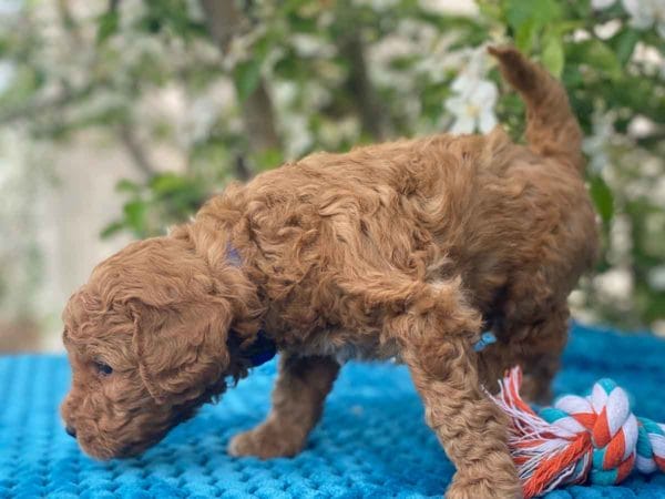 TEACUP GOLDENDOODLE PUPPIES, Precious Doodle Dogs, Teacup Doodle Dogs, Goldendoodle, Doodle Dog, Golden Doodles, Goldendoodle for sale, Goldendoodle puppies for sale, Miniature goldendoodle, goldendoodle puppies, mini goldendoodle, mini puppies, mini goldendoodle size, Mini Doodle Dogs, f1 goldendoodle, golden retriever poodle, chocolate goldendoodle, small doodles, goldendoodle temperament, goldendoodle colors, goldendoodle price, white goldendoodle, f2 goldendoodle, mini goldendoodle price, mini goldendoodle full grown, f1 mini goldendoodle, f1b goldendoodle, parti goldendoodle, goldendoodles near me, english goldendoodle, australian goldendoodle, red goldendoodle, doodle breeds, brown goldendoodle, goldendoodle cost, adult mini goldendoodle, golden noodle dog, doodle dog breeds, miniature golden doodle, miniature puppies, golden retriever poodle mix, A Star is Born, A star is born goldendoodle, a star is born dog, Bradley Cooper's Dog, Bradley Cooper Dog, Bradley Cooper's Goldendoodle, arizona goldendoodles, goldendoodle training, goldendoodle size, how big do mini goldendoodles get, goldendoodle full grown, baby goldendoodle, goldendoodle houston, golden doodles for sale, adult goldendoodle, apricot goldendoodle, goldendoodle grooming, mini golden doodles, goldendoodle shedding, f2b goldendoodle, goldendoodle hypoallergenic, goldendoodle names, english cream goldendoodle, golden retriever and poodle mix, mini goldendoodle puppies, micro goldendoodle, mini goldendoodle puppies for sale, miniature goldendoodle for sale, goldendoodle puppies for adoption, teddy bear goldendoodle, mini goldendoodle rescue, medium goldendoodle, black goldendoodle, mini goldendoodle for sale near me, goldendoodle puppies for sale near me, mini doodle, doodle puppies, mini goldendoodle for sale, goldendoodle breeders near me, miniature goldendoodle for sale near me, toy goldendoodle, petite goldendoodle, golden doodle dog, miniature goldendoodle puppies, mini goldendoodle puppies for sale near me, goldendoodles for sale near me, mini goldedoodle breeders, goldendoodle adoption, f1b mini goldendoodle, small goldendoodle, teacup goldendoodle, goldendoodle puppies near me, goldendoodle breeders, how to groom a goldendoodle, great doodle puppies, golden doodle mix, goldendoodle tampa, goldendoodle facts, white doodle dog, white goldendoodle puppy, mini goldendoodle maryland, country mini doodles, goldendoodle los angeles, toy labradoodle puppies for sale, types of goldendoodles, mini golden retriever puppies, golden goldendoodle, mini golden retriever puppies for sale, miniature australian goldendoodle, goldendoodle sacramento, goldendoodle omaha, labradoodle goldendoodle, f1 medium goldendoodle, BEST goldendoodles, pictures of mini goldendoodles, teacup goldendoodle full grown, micro mini goldendoodle full grown, toy goldendoodle price, goldendoodle chicago, retriever doodle, teacup goldendoodle puppies for sale, cute goldendoodle, mini teddy bear puppies, miniature goldendoodle full grown, f2 mini goldendoodle, goldendoodle spokane, mini goldendoodle chicago, micro mini goldendoodle, how nbig do miniature goldendoodles get, brown mini goldendoodle, mini doodle breeds, poodle doodle dog, what is a mini goldendoodle, black mini goldendoodle, mini irish doodle puppies for sale, f1b goldendoodle size, toy golden doodles, chocolate brown goldendoodle puppies for sale, petite goldendoodle full grown, goldendoodle behavior, american goldendoodle, f1b medium goldendoodle, goldendoodle puppy cost, cute goldendoodle puppies, goldendoodle indianapolis, teddy goldendoodle, mini goldendoodle weight, teddy bear golden doodles, f1b goldendoodle puppies for sale, miniature goldendoodle size, chocolate goldendoodle puppy, english cream mini goldendoodle, doodle puppies near me, red miniature goldendoodle, cream goldendoodle, goldendoodle puppy cut, mini goldendoodle hypoallergenic, dog breed goldendoodle, goldendoodle poodle mixes, goldendoodle allergies, goldendoodle info, sandy ridge goldendoodles, lakeshore goldendoodles, toy goldendoodle puppies for sale, labradoodle and goldendoodle, goldendoodle las vegas, goldendoodle phoenix, doodle breeders near me, miniature goldendoodle weight, black and white goldendoodle, sarasota goldendoodles, mini goldendoodle dallas, a goldendoodle, what is a goldendoodle, goldendoodle dallas, mini golden doodles for sale, ginger doodle puppy, how much does a mini goldendoodle cost, goldendoodle san antonio, goldendoodle photos, goldendoodle cuts, chocolate mini goldendoodle, all about goldendoodles, goldendoodle cincinnati, black doodle dog, goldendoodle weight, miniature goldendoodle breeders, goldendoodle information, miniature goldendoodle puppies for sale, doodle puppies for sale near me, black labradoodle puppies for sale, goldendoodle seattle, golden doodles near me, teacup goldendoodle for sale, golden retriever poodle puppy, goldendoodle rochester ny, goldendoodle and poodle mix, akc goldendoodle, goldendoodle kansas city, mini goldendoodle facts, goldendoodle austin, goldendoodle doodle, goldendoodle tulsa, curly goldendoodle, brown goldendoodle puppies, f1b labradoodle puppies for sale, red mini goldendoodle, goldendoodle poodle, chocolate goldendoodle for sale, tiny goldendoodle, goldendoodle puppies breeders, english goldendoodle puppies for sale, mini golden labradoodle, f1b mini teddy bear goldendoodles, red goldendoodle puppies for sale, miniature golden retriever breeders, f1 goldendoodles for sale, teacup goldendoodle puppies, toy mini goldendoodle, xs petite goldendoodle, f2 goldendoodle puppies for sale, mini goldendoodle cost, black goldendoodle for sale, english teddy bear goldendoodle, small doodle dogs, goldendoodle nashville, english goldendoodle puppies, golden retriever poodle mix for sale, red goldendoodle puppy, parti goldendoodles for sale, english cream goldendoodles for sale, doodle puppies for sale, golden retriever poodle mix puppies, goldendoodle tucson, f1b mini goldendoodle puppies for sale, mini goldendoodle breeders northeast, teddy bear goldendoodle, toy goldendoodle rescue, petite mini goldendoodle, goldendoodle stuff, mini goldendoodles near me, teddy bear goldendoodle puppies, f1 goldendoodle puppies, teddy bear goldendoodles for sale, silver goldendoodle, buy goldendoodle, mini golden doodle dog, teddy bear goldendoodles mini, micro mini goldendoodle puppies for sale, goldendoodle dogs for sale, best goldendoodle breeders, chocolate goldendoodle puppies for sale, doodle dogs for sale, toy goldendoodle puppies, mini doodle dog, toy goldendoodle breeders, doodles for sale, goldendoodle hypoallergenic dog, mini goldendoodle breeders near me, english goldendoodle breeders, f1b mini goldendoodle for sale, teacup goldendoodle price, petite goldendoodle for sale, mini english goldendoodle, mini goldendoodle info, miniature goldendoodle puppies for sale near me, black goldendoodle puppies for sale, f1 goldendoodle puppies for sale, Teacup Goldendoodles AL, Teacup Goldendoodles AK, Teacup Goldendoodles AZ, Teacup Goldendoodles AR, Teacup Goldendoodles CA, Teacup Goldendoodles CO, Teacup Goldendoodles CT, Teacup Goldendoodles DE, Teacup Goldendoodles FL, Teacup Goldendoodles GA, Teacup Goldendoodles HI, Teacup Goldendoodles ID, Teacup Goldendoodles IL, Teacup Goldendoodles IN, Teacup Goldendoodles IA, Teacup Goldendoodles KS, Teacup Goldendoodles KY, Teacup Goldendoodles LA, Teacup Goldendoodles ME, Teacup Goldendoodles MD, Teacup Goldendoodles MA, Teacup Goldendoodles MI, Teacup Goldendoodles MN, Teacup Goldendoodles MS, Teacup Goldendoodles MO, Teacup Goldendoodles MT, Teacup Goldendoodles NE, Teacup Goldendoodles NV, Teacup Goldendoodles NH, Teacup Goldendoodles NJ, Teacup Goldendoodles NM, Teacup Goldendoodles NY, Teacup Goldendoodles NC, Teacup Goldendoodles ND, Teacup Goldendoodles OH, Teacup Goldendoodles OK, Teacup Goldendoodles OR, Teacup Goldendoodles PA, Teacup Goldendoodles RI, Teacup Goldendoodles SC, Teacup Goldendoodles SD, Teacup Goldendoodles TN, Teacup Goldendoodles TX, Teacup Goldendoodles UT, Teacup Goldendoodles VT, Teacup Goldendoodles VA, Teacup Goldendoodles WA, Teacup Goldendoodles WV, Teacup Goldendoodles WI, Teacup Goldendoodles WY, Teacup Golden Doodles AL, Teacup Golden Doodles AK, Teacup Golden Doodles AZ, Teacup Golden Doodles AR, Teacup Golden Doodles CA, Teacup Golden Doodles CO, Teacup Golden Doodles CT, Teacup Golden Doodles DE, Teacup Golden Doodles FL, Teacup Golden Doodles GA, Teacup Golden Doodles HI, Teacup Golden Doodles ID, Teacup Golden Doodles IL, Teacup Golden Doodles IN, Teacup Golden Doodles IA, Teacup Golden Doodles KS, Teacup Golden Doodles KY, Teacup Golden Doodles LA, Teacup Golden Doodles ME, Teacup Golden Doodles MD, Teacup Golden Doodles MA, Teacup Golden Doodles MI, Teacup Golden Doodles MN, Teacup Golden Doodles MS, Teacup Golden Doodles MO, Teacup Golden Doodles MT, Teacup Golden Doodles NE, Teacup Golden Doodles NV, Teacup Golden Doodles NH, Teacup Golden Doodles NJ, Teacup Golden Doodles NM, Teacup Golden Doodles NY, Teacup Golden Doodles NC, Teacup Golden Doodles ND, Teacup Golden Doodles OH, Teacup Golden Doodles OK, Teacup Golden Doodles OR, Teacup Golden Doodles PA, Teacup Golden Doodles RI, Teacup Golden Doodles SC, Teacup Golden Doodles SD, Teacup Golden Doodles TN, Teacup Golden Doodles TX, Teacup Golden Doodles UT, Teacup Golden Doodles VT, Teacup Golden Doodles VA, Teacup Golden Doodles WA, Teacup Golden Doodles WV, Teacup Golden Doodles WI, Teacup Golden Doodles WY, Toy Goldendoodle Alabama, Toy Goldendoodle Alaska, Toy Goldendoodle Arizona, Toy Goldendoodle Arkansas, Toy Goldendoodle California, Toy Goldendoodle Colorado, Toy Goldendoodle Connecticut, Toy Goldendoodle Delaware, Toy Goldendoodle Florida, Toy Goldendoodle Georgia, Toy Goldendoodle Hawaii, Toy Goldendoodle Idaho, Toy Goldendoodle Illinois, Toy Goldendoodle Indiana, Toy Goldendoodle Iowa, Toy Goldendoodle Kansas, Toy Goldendoodle Kentucky, Toy Goldendoodle Louisiana, Toy Goldendoodle Maine, Toy Goldendoodle Maryland, Toy Goldendoodle Massachusetts, Toy Goldendoodle Michigan, Toy Goldendoodle Minnesota, Toy Goldendoodle Mississippi, Toy Goldendoodle Missouri, Toy Goldendoodle Montana, Toy Goldendoodle Nebraska, Toy Goldendoodle Nevada, Toy Goldendoodle New Hampshire, Toy Goldendoodle New Jersey, Toy Goldendoodle New Mexico, Toy Goldendoodle New York, Toy Goldendoodle North Carolina, Toy Goldendoodle North Dakota, Toy Goldendoodle Ohio, Toy Goldendoodle Oklahoma, Toy Goldendoodle Oregon, Toy Goldendoodle Pennsylvania, Toy Goldendoodle Rhode Island, Toy Goldendoodle South Carolina, Toy Goldendoodle South Dakota, Toy Goldendoodle Tennessee, Toy Goldendoodle Texas, Toy Goldendoodle Utah, Toy Goldendoodle Vermont, Toy Goldendoodle Virginia, Toy Goldendoodle Washington, Toy Goldendoodle West Virginia, Toy Goldendoodle Wisconsin, Toy Goldendoodle Wyoming, Teacup Goldendoodle breeders AL, Teacup Goldendoodle breeders AK, Teacup Goldendoodle breeders AZ, Teacup Goldendoodle breeders AR, Teacup Goldendoodle breeders CA, Teacup Goldendoodle breeders CO, Teacup Goldendoodle breeders CT, Teacup Goldendoodle breeders DE, Teacup Goldendoodle breeders FL, Teacup Goldendoodle breeders GA, Teacup Goldendoodle breeders HI, Teacup Goldendoodle breeders ID, Teacup Goldendoodle breeders IL, Teacup Goldendoodle breeders IN, Teacup Goldendoodle breeders IA, Teacup Goldendoodle breeders KS, Teacup Goldendoodle breeders KY, Teacup Goldendoodle breeders LA, Teacup Goldendoodle breeders ME, Teacup Goldendoodle breeders MD, Teacup Goldendoodle breeders MA, Teacup Goldendoodle breeders MI, Teacup Goldendoodle breeders MN, Teacup Goldendoodle breeders MS, Teacup Goldendoodle breeders MO, Teacup Goldendoodle breeders MT, Teacup Goldendoodle breeders NE, Teacup Goldendoodle breeders NV, Teacup Goldendoodle breeders NH, Teacup Goldendoodle breeders NJ, Teacup Goldendoodle breeders NM, Teacup Goldendoodle breeders NY, Teacup Goldendoodle breeders NC, Teacup Goldendoodle breeders ND, Teacup Goldendoodle breeders OH, Teacup Goldendoodle breeders OK, Teacup Goldendoodle breeders OR, Teacup Goldendoodle breeders PA, Teacup Goldendoodle breeders RI, Teacup Goldendoodle breeders SC, Teacup Goldendoodle breeders SD, Teacup Goldendoodle breeders TN, Teacup Goldendoodle breeders TX, Teacup Goldendoodle breeders UT, Teacup Goldendoodle breeders VT, Teacup Goldendoodle breeders VA, Teacup Goldendoodle breeders WA, Teacup Goldendoodle breeders WV, Teacup Goldendoodle breeders WI, Teacup Goldendoodle breeders WY, Teacup Golden doodle puppies for sale in AL, Teacup Golden doodle puppies for sale in AK, Teacup Golden doodle puppies for sale in AZ, Teacup Golden doodle puppies for sale in AR, Teacup Golden doodle puppies for sale in CA, Teacup Golden doodle puppies for sale in CO, Teacup Golden doodle puppies for sale in CT, Teacup Golden doodle puppies for sale in DE, Teacup Golden doodle puppies for sale in FL, Teacup Golden doodle puppies for sale in GA, Teacup Golden doodle puppies for sale in HI, Teacup Golden doodle puppies for sale in ID, Teacup Golden doodle puppies for sale in IL, Teacup Golden doodle puppies for sale in IN, Teacup Golden doodle puppies for sale in IA, Teacup Golden doodle puppies for sale in KS, Teacup Golden doodle puppies for sale in KY, Teacup Golden doodle puppies for sale in LA, Teacup Golden doodle puppies for sale in ME, Teacup Golden doodle puppies for sale in MD, Teacup Golden doodle puppies for sale in MA, Teacup Golden doodle puppies for sale in MI, Teacup Golden doodle puppies for sale in MN, Teacup Golden doodle puppies for sale in MS, Teacup Golden doodle puppies for sale in MO, Teacup Golden doodle puppies for sale in MT, Teacup Golden doodle puppies for sale in NE, Teacup Golden doodle puppies for sale in NV, Teacup Golden doodle puppies for sale in NH, Teacup Golden doodle puppies for sale in NJ, Teacup Golden doodle puppies for sale in NM, Teacup Golden doodle puppies for sale in NY, Teacup Golden doodle puppies for sale in NC, Teacup Golden doodle puppies for sale in ND, Teacup Golden doodle puppies for sale in OH, Teacup Golden doodle puppies for sale in OK, Teacup Golden doodle puppies for sale in OR, Teacup Golden doodle puppies for sale in PA, Teacup Golden doodle puppies for sale in RI, Teacup Golden doodle puppies for sale in SC, Teacup Golden doodle puppies for sale in SD, Teacup Golden doodle puppies for sale in TN, Teacup Golden doodle puppies for sale in TX, Teacup Golden doodle puppies for sale in UT, Teacup Golden doodle puppies for sale in VT, Teacup Golden doodle puppies for sale in VA, Teacup Golden doodle puppies for sale in WA, Teacup Golden doodle puppies for sale in WV, Teacup Golden doodle puppies for sale in WI, Teacup Golden doodle puppies for sale in WY, Teacup Goldendoodles for sale in AL, Teacup Goldendoodles for sale in AK, Teacup Goldendoodles for sale in AZ, Teacup Goldendoodles for sale in AR, Teacup Goldendoodles for sale in CA, Teacup Goldendoodles for sale in CO, Teacup Goldendoodles for sale in CT, Teacup Goldendoodles for sale in DE, Teacup Goldendoodles for sale in FL, Teacup Goldendoodles for sale in GA, Teacup Goldendoodles for sale in HI, Teacup Goldendoodles for sale in ID, Teacup Goldendoodles for sale in IL, Teacup Goldendoodles for sale in IN, Teacup Goldendoodles for sale in IA, Teacup Goldendoodles for sale in KS, Teacup Goldendoodles for sale in KY, Teacup Goldendoodles for sale in LA, Teacup Goldendoodles for sale in ME, Teacup Goldendoodles for sale in MD, Teacup Goldendoodles for sale in MA, Teacup Goldendoodles for sale in MI, Teacup Goldendoodles for sale in MN, Teacup Goldendoodles for sale in MS, Teacup Goldendoodles for sale in MO, Teacup Goldendoodles for sale in MT, Teacup Goldendoodles for sale in NE, Teacup Goldendoodles for sale in NV, Teacup Goldendoodles for sale in NH, Teacup Goldendoodles for sale in NJ, Teacup Goldendoodles for sale in NM, Teacup Goldendoodles for sale in NY, Teacup Goldendoodles for sale in NC, Teacup Goldendoodles for sale in ND, Teacup Goldendoodles for sale in OH, Teacup Goldendoodles for sale in OK, Teacup Goldendoodles for sale in OR, Teacup Goldendoodles for sale in PA, Teacup Goldendoodles for sale in RI, Teacup Goldendoodles for sale in SC, Teacup Goldendoodles for sale in SD, Teacup Goldendoodles for sale in TN, Teacup Goldendoodles for sale in TX, Teacup Goldendoodles for sale in UT, Teacup Goldendoodles for sale in VT, Teacup Goldendoodles for sale in VA, Teacup Goldendoodles for sale in WA, Teacup Goldendoodles for sale in WV, Teacup Goldendoodles for sale in WI, Teacup Goldendoodles for sale in WY, Teacup Goldendoodle Alabama, Teacup Goldendoodle Alaska, Teacup Goldendoodle Arizona, Teacup Goldendoodle Arkansas, Teacup Goldendoodle California, Teacup Goldendoodle Colorado, Teacup Goldendoodle Connecticut, Teacup Goldendoodle Delaware, Teacup Goldendoodle Florida, Teacup Goldendoodle Georgia, Teacup Goldendoodle Hawaii, Teacup Goldendoodle Idaho, Teacup Goldendoodle Illinois, Teacup Goldendoodle Indiana, Teacup Goldendoodle Iowa, Teacup Goldendoodle Kansas, Teacup Goldendoodle Kentucky, Teacup Goldendoodle Louisiana, Teacup Goldendoodle Maine, Teacup Goldendoodle Maryland, Teacup Goldendoodle Massachusetts, Teacup Goldendoodle Michigan, Teacup Goldendoodle Minnesota, Teacup Goldendoodle Mississippi, Teacup Goldendoodle Missouri, Teacup Goldendoodle Montana, Teacup Goldendoodle Nebraska, Teacup Goldendoodle Nevada, Teacup Goldendoodle New Hampshire, Teacup Goldendoodle New Jersey, Teacup Goldendoodle New Mexico, Teacup Goldendoodle New York, Teacup Goldendoodle North Carolina, Teacup Goldendoodle North Dakota, Teacup Goldendoodle Ohio, Teacup Goldendoodle Oklahoma, Teacup Goldendoodle Oregon, Teacup Goldendoodle Pennsylvania, Teacup Goldendoodle Rhode Island, Teacup Goldendoodle South Carolina, Teacup Goldendoodle South Dakota, Teacup Goldendoodle Tennessee, Teacup Goldendoodle Texas, Teacup Goldendoodle Utah, Teacup Goldendoodle Vermont, Teacup Goldendoodle Virginia, Teacup Goldendoodle Washington, Teacup Goldendoodle West Virginia, Teacup Goldendoodle Wisconsin, Teacup Goldendoodle Wyoming, Goldendoodle Breeders AL, Goldendoodle Breeders AK, Goldendoodle Breeders AZ, Goldendoodle Breeders AR, Goldendoodle Breeders CA, Goldendoodle Breeders CO, Goldendoodle Breeders CT, Goldendoodle Breeders DE, Goldendoodle Breeders FL, Goldendoodle Breeders GA, Goldendoodle Breeders HI, Goldendoodle Breeders ID, Goldendoodle Breeders IL, Goldendoodle Breeders IN, Goldendoodle Breeders IA, Goldendoodle Breeders KS, Goldendoodle Breeders KY, Goldendoodle Breeders LA, Goldendoodle Breeders ME, Goldendoodle Breeders MD, Goldendoodle Breeders MA, Goldendoodle Breeders MI, Goldendoodle Breeders MN, Goldendoodle Breeders MS, Goldendoodle Breeders MO, Goldendoodle Breeders MT, Goldendoodle Breeders NE, Goldendoodle Breeders NV, Goldendoodle Breeders NH, Goldendoodle Breeders NJ, Goldendoodle Breeders NM, Goldendoodle Breeders NY, Goldendoodle Breeders NC, Goldendoodle Breeders ND, Goldendoodle Breeders OH, Goldendoodle Breeders OK, Goldendoodle Breeders OR, Goldendoodle Breeders PA, Goldendoodle Breeders RI, Goldendoodle Breeders SC, Goldendoodle Breeders SD, Goldendoodle Breeders TN, Goldendoodle Breeders TX, Goldendoodle Breeders UT, Goldendoodle Breeders VT, Goldendoodle Breeders VA, Goldendoodle Breeders WA, Goldendoodle Breeders WV, Goldendoodle Breeders WI, Goldendoodle Breeders WY, Teacup Golden doodles for sale in AL, Teacup Golden doodles for sale in AK, Teacup Golden doodles for sale in AZ, Teacup Golden doodles for sale in AR, Teacup Golden doodles for sale in CA, Teacup Golden doodles for sale in CO, Teacup Golden doodles for sale in CT, Teacup Golden doodles for sale in DE, Teacup Golden doodles for sale in FL, Teacup Golden doodles for sale in GA, Teacup Golden doodles for sale in HI, Teacup Golden doodles for sale in ID, Teacup Golden doodles for sale in IL, Teacup Golden doodles for sale in IN, Teacup Golden doodles for sale in IA, Teacup Golden doodles for sale in KS, Teacup Golden doodles for sale in KY, Teacup Golden doodles for sale in LA, Teacup Golden doodles for sale in ME, Teacup Golden doodles for sale in MD, Teacup Golden doodles for sale in MA, Teacup Golden doodles for sale in MI, Teacup Golden doodles for sale in MN, Teacup Golden doodles for sale in MS, Teacup Golden doodles for sale in MO, Teacup Golden doodles for sale in MT, Teacup Golden doodles for sale in NE, Teacup Golden doodles for sale in NV, Teacup Golden doodles for sale in NH, Teacup Golden doodles for sale in NJ, Teacup Golden doodles for sale in NM, Teacup Golden doodles for sale in NY, Teacup Golden doodles for sale in NC, Teacup Golden doodles for sale in ND, Teacup Golden doodles for sale in OH, Teacup Golden doodles for sale in OK, Teacup Golden doodles for sale in OR, Teacup Golden doodles for sale in PA, Teacup Golden doodles for sale in RI, Teacup Golden doodles for sale in SC, Teacup Golden doodles for sale in SD, Teacup Golden doodles for sale in TN, Teacup Golden doodles for sale in TX, Teacup Golden doodles for sale in UT, Teacup Golden doodles for sale in VT, Teacup Golden doodles for sale in VA, Teacup Golden doodles for sale in WA, Teacup Golden doodles for sale in WV, Teacup Golden doodles for sale in WI, Teacup Golden doodles for sale in WY,