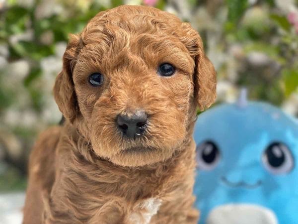 TEACUP GOLDENDOODLE PUPPIES, Precious Doodle Dogs, Teacup Doodle Dogs, Goldendoodle, Doodle Dog, Golden Doodles, Goldendoodle for sale, Goldendoodle puppies for sale, Miniature goldendoodle, goldendoodle puppies, mini goldendoodle, mini puppies, mini goldendoodle size, Mini Doodle Dogs, f1 goldendoodle, golden retriever poodle, chocolate goldendoodle, small doodles, goldendoodle temperament, goldendoodle colors, goldendoodle price, white goldendoodle, f2 goldendoodle, mini goldendoodle price, mini goldendoodle full grown, f1 mini goldendoodle, f1b goldendoodle, parti goldendoodle, goldendoodles near me, english goldendoodle, australian goldendoodle, red goldendoodle, doodle breeds, brown goldendoodle, goldendoodle cost, adult mini goldendoodle, golden noodle dog, doodle dog breeds, miniature golden doodle, miniature puppies, golden retriever poodle mix, A Star is Born, A star is born goldendoodle, a star is born dog, Bradley Cooper's Dog, Bradley Cooper Dog, Bradley Cooper's Goldendoodle, arizona goldendoodles, goldendoodle training, goldendoodle size, how big do mini goldendoodles get, goldendoodle full grown, baby goldendoodle, goldendoodle houston, golden doodles for sale, adult goldendoodle, apricot goldendoodle, goldendoodle grooming, mini golden doodles, goldendoodle shedding, f2b goldendoodle, goldendoodle hypoallergenic, goldendoodle names, english cream goldendoodle, golden retriever and poodle mix, mini goldendoodle puppies, micro goldendoodle, mini goldendoodle puppies for sale, miniature goldendoodle for sale, goldendoodle puppies for adoption, teddy bear goldendoodle, mini goldendoodle rescue, medium goldendoodle, black goldendoodle, mini goldendoodle for sale near me, goldendoodle puppies for sale near me, mini doodle, doodle puppies, mini goldendoodle for sale, goldendoodle breeders near me, miniature goldendoodle for sale near me, toy goldendoodle, petite goldendoodle, golden doodle dog, miniature goldendoodle puppies, mini goldendoodle puppies for sale near me, goldendoodles for sale near me, mini goldedoodle breeders, goldendoodle adoption, f1b mini goldendoodle, small goldendoodle, teacup goldendoodle, goldendoodle puppies near me, goldendoodle breeders, how to groom a goldendoodle, great doodle puppies, golden doodle mix, goldendoodle tampa, goldendoodle facts, white doodle dog, white goldendoodle puppy, mini goldendoodle maryland, country mini doodles, goldendoodle los angeles, toy labradoodle puppies for sale, types of goldendoodles, mini golden retriever puppies, golden goldendoodle, mini golden retriever puppies for sale, miniature australian goldendoodle, goldendoodle sacramento, goldendoodle omaha, labradoodle goldendoodle, f1 medium goldendoodle, BEST goldendoodles, pictures of mini goldendoodles, teacup goldendoodle full grown, micro mini goldendoodle full grown, toy goldendoodle price, goldendoodle chicago, retriever doodle, teacup goldendoodle puppies for sale, cute goldendoodle, mini teddy bear puppies, miniature goldendoodle full grown, f2 mini goldendoodle, goldendoodle spokane, mini goldendoodle chicago, micro mini goldendoodle, how nbig do miniature goldendoodles get, brown mini goldendoodle, mini doodle breeds, poodle doodle dog, what is a mini goldendoodle, black mini goldendoodle, mini irish doodle puppies for sale, f1b goldendoodle size, toy golden doodles, chocolate brown goldendoodle puppies for sale, petite goldendoodle full grown, goldendoodle behavior, american goldendoodle, f1b medium goldendoodle, goldendoodle puppy cost, cute goldendoodle puppies, goldendoodle indianapolis, teddy goldendoodle, mini goldendoodle weight, teddy bear golden doodles, f1b goldendoodle puppies for sale, miniature goldendoodle size, chocolate goldendoodle puppy, english cream mini goldendoodle, doodle puppies near me, red miniature goldendoodle, cream goldendoodle, goldendoodle puppy cut, mini goldendoodle hypoallergenic, dog breed goldendoodle, goldendoodle poodle mixes, goldendoodle allergies, goldendoodle info, sandy ridge goldendoodles, lakeshore goldendoodles, toy goldendoodle puppies for sale, labradoodle and goldendoodle, goldendoodle las vegas, goldendoodle phoenix, doodle breeders near me, miniature goldendoodle weight, black and white goldendoodle, sarasota goldendoodles, mini goldendoodle dallas, a goldendoodle, what is a goldendoodle, goldendoodle dallas, mini golden doodles for sale, ginger doodle puppy, how much does a mini goldendoodle cost, goldendoodle san antonio, goldendoodle photos, goldendoodle cuts, chocolate mini goldendoodle, all about goldendoodles, goldendoodle cincinnati, black doodle dog, goldendoodle weight, miniature goldendoodle breeders, goldendoodle information, miniature goldendoodle puppies for sale, doodle puppies for sale near me, black labradoodle puppies for sale, goldendoodle seattle, golden doodles near me, teacup goldendoodle for sale, golden retriever poodle puppy, goldendoodle rochester ny, goldendoodle and poodle mix, akc goldendoodle, goldendoodle kansas city, mini goldendoodle facts, goldendoodle austin, goldendoodle doodle, goldendoodle tulsa, curly goldendoodle, brown goldendoodle puppies, f1b labradoodle puppies for sale, red mini goldendoodle, goldendoodle poodle, chocolate goldendoodle for sale, tiny goldendoodle, goldendoodle puppies breeders, english goldendoodle puppies for sale, mini golden labradoodle, f1b mini teddy bear goldendoodles, red goldendoodle puppies for sale, miniature golden retriever breeders, f1 goldendoodles for sale, teacup goldendoodle puppies, toy mini goldendoodle, xs petite goldendoodle, f2 goldendoodle puppies for sale, mini goldendoodle cost, black goldendoodle for sale, english teddy bear goldendoodle, small doodle dogs, goldendoodle nashville, english goldendoodle puppies, golden retriever poodle mix for sale, red goldendoodle puppy, parti goldendoodles for sale, english cream goldendoodles for sale, doodle puppies for sale, golden retriever poodle mix puppies, goldendoodle tucson, f1b mini goldendoodle puppies for sale, mini goldendoodle breeders northeast, teddy bear goldendoodle, toy goldendoodle rescue, petite mini goldendoodle, goldendoodle stuff, mini goldendoodles near me, teddy bear goldendoodle puppies, f1 goldendoodle puppies, teddy bear goldendoodles for sale, silver goldendoodle, buy goldendoodle, mini golden doodle dog, teddy bear goldendoodles mini, micro mini goldendoodle puppies for sale, goldendoodle dogs for sale, best goldendoodle breeders, chocolate goldendoodle puppies for sale, doodle dogs for sale, toy goldendoodle puppies, mini doodle dog, toy goldendoodle breeders, doodles for sale, goldendoodle hypoallergenic dog, mini goldendoodle breeders near me, english goldendoodle breeders, f1b mini goldendoodle for sale, teacup goldendoodle price, petite goldendoodle for sale, mini english goldendoodle, mini goldendoodle info, miniature goldendoodle puppies for sale near me, black goldendoodle puppies for sale, f1 goldendoodle puppies for sale, Teacup Goldendoodles AL, Teacup Goldendoodles AK, Teacup Goldendoodles AZ, Teacup Goldendoodles AR, Teacup Goldendoodles CA, Teacup Goldendoodles CO, Teacup Goldendoodles CT, Teacup Goldendoodles DE, Teacup Goldendoodles FL, Teacup Goldendoodles GA, Teacup Goldendoodles HI, Teacup Goldendoodles ID, Teacup Goldendoodles IL, Teacup Goldendoodles IN, Teacup Goldendoodles IA, Teacup Goldendoodles KS, Teacup Goldendoodles KY, Teacup Goldendoodles LA, Teacup Goldendoodles ME, Teacup Goldendoodles MD, Teacup Goldendoodles MA, Teacup Goldendoodles MI, Teacup Goldendoodles MN, Teacup Goldendoodles MS, Teacup Goldendoodles MO, Teacup Goldendoodles MT, Teacup Goldendoodles NE, Teacup Goldendoodles NV, Teacup Goldendoodles NH, Teacup Goldendoodles NJ, Teacup Goldendoodles NM, Teacup Goldendoodles NY, Teacup Goldendoodles NC, Teacup Goldendoodles ND, Teacup Goldendoodles OH, Teacup Goldendoodles OK, Teacup Goldendoodles OR, Teacup Goldendoodles PA, Teacup Goldendoodles RI, Teacup Goldendoodles SC, Teacup Goldendoodles SD, Teacup Goldendoodles TN, Teacup Goldendoodles TX, Teacup Goldendoodles UT, Teacup Goldendoodles VT, Teacup Goldendoodles VA, Teacup Goldendoodles WA, Teacup Goldendoodles WV, Teacup Goldendoodles WI, Teacup Goldendoodles WY, Teacup Golden Doodles AL, Teacup Golden Doodles AK, Teacup Golden Doodles AZ, Teacup Golden Doodles AR, Teacup Golden Doodles CA, Teacup Golden Doodles CO, Teacup Golden Doodles CT, Teacup Golden Doodles DE, Teacup Golden Doodles FL, Teacup Golden Doodles GA, Teacup Golden Doodles HI, Teacup Golden Doodles ID, Teacup Golden Doodles IL, Teacup Golden Doodles IN, Teacup Golden Doodles IA, Teacup Golden Doodles KS, Teacup Golden Doodles KY, Teacup Golden Doodles LA, Teacup Golden Doodles ME, Teacup Golden Doodles MD, Teacup Golden Doodles MA, Teacup Golden Doodles MI, Teacup Golden Doodles MN, Teacup Golden Doodles MS, Teacup Golden Doodles MO, Teacup Golden Doodles MT, Teacup Golden Doodles NE, Teacup Golden Doodles NV, Teacup Golden Doodles NH, Teacup Golden Doodles NJ, Teacup Golden Doodles NM, Teacup Golden Doodles NY, Teacup Golden Doodles NC, Teacup Golden Doodles ND, Teacup Golden Doodles OH, Teacup Golden Doodles OK, Teacup Golden Doodles OR, Teacup Golden Doodles PA, Teacup Golden Doodles RI, Teacup Golden Doodles SC, Teacup Golden Doodles SD, Teacup Golden Doodles TN, Teacup Golden Doodles TX, Teacup Golden Doodles UT, Teacup Golden Doodles VT, Teacup Golden Doodles VA, Teacup Golden Doodles WA, Teacup Golden Doodles WV, Teacup Golden Doodles WI, Teacup Golden Doodles WY, Toy Goldendoodle Alabama, Toy Goldendoodle Alaska, Toy Goldendoodle Arizona, Toy Goldendoodle Arkansas, Toy Goldendoodle California, Toy Goldendoodle Colorado, Toy Goldendoodle Connecticut, Toy Goldendoodle Delaware, Toy Goldendoodle Florida, Toy Goldendoodle Georgia, Toy Goldendoodle Hawaii, Toy Goldendoodle Idaho, Toy Goldendoodle Illinois, Toy Goldendoodle Indiana, Toy Goldendoodle Iowa, Toy Goldendoodle Kansas, Toy Goldendoodle Kentucky, Toy Goldendoodle Louisiana, Toy Goldendoodle Maine, Toy Goldendoodle Maryland, Toy Goldendoodle Massachusetts, Toy Goldendoodle Michigan, Toy Goldendoodle Minnesota, Toy Goldendoodle Mississippi, Toy Goldendoodle Missouri, Toy Goldendoodle Montana, Toy Goldendoodle Nebraska, Toy Goldendoodle Nevada, Toy Goldendoodle New Hampshire, Toy Goldendoodle New Jersey, Toy Goldendoodle New Mexico, Toy Goldendoodle New York, Toy Goldendoodle North Carolina, Toy Goldendoodle North Dakota, Toy Goldendoodle Ohio, Toy Goldendoodle Oklahoma, Toy Goldendoodle Oregon, Toy Goldendoodle Pennsylvania, Toy Goldendoodle Rhode Island, Toy Goldendoodle South Carolina, Toy Goldendoodle South Dakota, Toy Goldendoodle Tennessee, Toy Goldendoodle Texas, Toy Goldendoodle Utah, Toy Goldendoodle Vermont, Toy Goldendoodle Virginia, Toy Goldendoodle Washington, Toy Goldendoodle West Virginia, Toy Goldendoodle Wisconsin, Toy Goldendoodle Wyoming, Teacup Goldendoodle breeders AL, Teacup Goldendoodle breeders AK, Teacup Goldendoodle breeders AZ, Teacup Goldendoodle breeders AR, Teacup Goldendoodle breeders CA, Teacup Goldendoodle breeders CO, Teacup Goldendoodle breeders CT, Teacup Goldendoodle breeders DE, Teacup Goldendoodle breeders FL, Teacup Goldendoodle breeders GA, Teacup Goldendoodle breeders HI, Teacup Goldendoodle breeders ID, Teacup Goldendoodle breeders IL, Teacup Goldendoodle breeders IN, Teacup Goldendoodle breeders IA, Teacup Goldendoodle breeders KS, Teacup Goldendoodle breeders KY, Teacup Goldendoodle breeders LA, Teacup Goldendoodle breeders ME, Teacup Goldendoodle breeders MD, Teacup Goldendoodle breeders MA, Teacup Goldendoodle breeders MI, Teacup Goldendoodle breeders MN, Teacup Goldendoodle breeders MS, Teacup Goldendoodle breeders MO, Teacup Goldendoodle breeders MT, Teacup Goldendoodle breeders NE, Teacup Goldendoodle breeders NV, Teacup Goldendoodle breeders NH, Teacup Goldendoodle breeders NJ, Teacup Goldendoodle breeders NM, Teacup Goldendoodle breeders NY, Teacup Goldendoodle breeders NC, Teacup Goldendoodle breeders ND, Teacup Goldendoodle breeders OH, Teacup Goldendoodle breeders OK, Teacup Goldendoodle breeders OR, Teacup Goldendoodle breeders PA, Teacup Goldendoodle breeders RI, Teacup Goldendoodle breeders SC, Teacup Goldendoodle breeders SD, Teacup Goldendoodle breeders TN, Teacup Goldendoodle breeders TX, Teacup Goldendoodle breeders UT, Teacup Goldendoodle breeders VT, Teacup Goldendoodle breeders VA, Teacup Goldendoodle breeders WA, Teacup Goldendoodle breeders WV, Teacup Goldendoodle breeders WI, Teacup Goldendoodle breeders WY, Teacup Golden doodle puppies for sale in AL, Teacup Golden doodle puppies for sale in AK, Teacup Golden doodle puppies for sale in AZ, Teacup Golden doodle puppies for sale in AR, Teacup Golden doodle puppies for sale in CA, Teacup Golden doodle puppies for sale in CO, Teacup Golden doodle puppies for sale in CT, Teacup Golden doodle puppies for sale in DE, Teacup Golden doodle puppies for sale in FL, Teacup Golden doodle puppies for sale in GA, Teacup Golden doodle puppies for sale in HI, Teacup Golden doodle puppies for sale in ID, Teacup Golden doodle puppies for sale in IL, Teacup Golden doodle puppies for sale in IN, Teacup Golden doodle puppies for sale in IA, Teacup Golden doodle puppies for sale in KS, Teacup Golden doodle puppies for sale in KY, Teacup Golden doodle puppies for sale in LA, Teacup Golden doodle puppies for sale in ME, Teacup Golden doodle puppies for sale in MD, Teacup Golden doodle puppies for sale in MA, Teacup Golden doodle puppies for sale in MI, Teacup Golden doodle puppies for sale in MN, Teacup Golden doodle puppies for sale in MS, Teacup Golden doodle puppies for sale in MO, Teacup Golden doodle puppies for sale in MT, Teacup Golden doodle puppies for sale in NE, Teacup Golden doodle puppies for sale in NV, Teacup Golden doodle puppies for sale in NH, Teacup Golden doodle puppies for sale in NJ, Teacup Golden doodle puppies for sale in NM, Teacup Golden doodle puppies for sale in NY, Teacup Golden doodle puppies for sale in NC, Teacup Golden doodle puppies for sale in ND, Teacup Golden doodle puppies for sale in OH, Teacup Golden doodle puppies for sale in OK, Teacup Golden doodle puppies for sale in OR, Teacup Golden doodle puppies for sale in PA, Teacup Golden doodle puppies for sale in RI, Teacup Golden doodle puppies for sale in SC, Teacup Golden doodle puppies for sale in SD, Teacup Golden doodle puppies for sale in TN, Teacup Golden doodle puppies for sale in TX, Teacup Golden doodle puppies for sale in UT, Teacup Golden doodle puppies for sale in VT, Teacup Golden doodle puppies for sale in VA, Teacup Golden doodle puppies for sale in WA, Teacup Golden doodle puppies for sale in WV, Teacup Golden doodle puppies for sale in WI, Teacup Golden doodle puppies for sale in WY, Teacup Goldendoodles for sale in AL, Teacup Goldendoodles for sale in AK, Teacup Goldendoodles for sale in AZ, Teacup Goldendoodles for sale in AR, Teacup Goldendoodles for sale in CA, Teacup Goldendoodles for sale in CO, Teacup Goldendoodles for sale in CT, Teacup Goldendoodles for sale in DE, Teacup Goldendoodles for sale in FL, Teacup Goldendoodles for sale in GA, Teacup Goldendoodles for sale in HI, Teacup Goldendoodles for sale in ID, Teacup Goldendoodles for sale in IL, Teacup Goldendoodles for sale in IN, Teacup Goldendoodles for sale in IA, Teacup Goldendoodles for sale in KS, Teacup Goldendoodles for sale in KY, Teacup Goldendoodles for sale in LA, Teacup Goldendoodles for sale in ME, Teacup Goldendoodles for sale in MD, Teacup Goldendoodles for sale in MA, Teacup Goldendoodles for sale in MI, Teacup Goldendoodles for sale in MN, Teacup Goldendoodles for sale in MS, Teacup Goldendoodles for sale in MO, Teacup Goldendoodles for sale in MT, Teacup Goldendoodles for sale in NE, Teacup Goldendoodles for sale in NV, Teacup Goldendoodles for sale in NH, Teacup Goldendoodles for sale in NJ, Teacup Goldendoodles for sale in NM, Teacup Goldendoodles for sale in NY, Teacup Goldendoodles for sale in NC, Teacup Goldendoodles for sale in ND, Teacup Goldendoodles for sale in OH, Teacup Goldendoodles for sale in OK, Teacup Goldendoodles for sale in OR, Teacup Goldendoodles for sale in PA, Teacup Goldendoodles for sale in RI, Teacup Goldendoodles for sale in SC, Teacup Goldendoodles for sale in SD, Teacup Goldendoodles for sale in TN, Teacup Goldendoodles for sale in TX, Teacup Goldendoodles for sale in UT, Teacup Goldendoodles for sale in VT, Teacup Goldendoodles for sale in VA, Teacup Goldendoodles for sale in WA, Teacup Goldendoodles for sale in WV, Teacup Goldendoodles for sale in WI, Teacup Goldendoodles for sale in WY, Teacup Goldendoodle Alabama, Teacup Goldendoodle Alaska, Teacup Goldendoodle Arizona, Teacup Goldendoodle Arkansas, Teacup Goldendoodle California, Teacup Goldendoodle Colorado, Teacup Goldendoodle Connecticut, Teacup Goldendoodle Delaware, Teacup Goldendoodle Florida, Teacup Goldendoodle Georgia, Teacup Goldendoodle Hawaii, Teacup Goldendoodle Idaho, Teacup Goldendoodle Illinois, Teacup Goldendoodle Indiana, Teacup Goldendoodle Iowa, Teacup Goldendoodle Kansas, Teacup Goldendoodle Kentucky, Teacup Goldendoodle Louisiana, Teacup Goldendoodle Maine, Teacup Goldendoodle Maryland, Teacup Goldendoodle Massachusetts, Teacup Goldendoodle Michigan, Teacup Goldendoodle Minnesota, Teacup Goldendoodle Mississippi, Teacup Goldendoodle Missouri, Teacup Goldendoodle Montana, Teacup Goldendoodle Nebraska, Teacup Goldendoodle Nevada, Teacup Goldendoodle New Hampshire, Teacup Goldendoodle New Jersey, Teacup Goldendoodle New Mexico, Teacup Goldendoodle New York, Teacup Goldendoodle North Carolina, Teacup Goldendoodle North Dakota, Teacup Goldendoodle Ohio, Teacup Goldendoodle Oklahoma, Teacup Goldendoodle Oregon, Teacup Goldendoodle Pennsylvania, Teacup Goldendoodle Rhode Island, Teacup Goldendoodle South Carolina, Teacup Goldendoodle South Dakota, Teacup Goldendoodle Tennessee, Teacup Goldendoodle Texas, Teacup Goldendoodle Utah, Teacup Goldendoodle Vermont, Teacup Goldendoodle Virginia, Teacup Goldendoodle Washington, Teacup Goldendoodle West Virginia, Teacup Goldendoodle Wisconsin, Teacup Goldendoodle Wyoming, Goldendoodle Breeders AL, Goldendoodle Breeders AK, Goldendoodle Breeders AZ, Goldendoodle Breeders AR, Goldendoodle Breeders CA, Goldendoodle Breeders CO, Goldendoodle Breeders CT, Goldendoodle Breeders DE, Goldendoodle Breeders FL, Goldendoodle Breeders GA, Goldendoodle Breeders HI, Goldendoodle Breeders ID, Goldendoodle Breeders IL, Goldendoodle Breeders IN, Goldendoodle Breeders IA, Goldendoodle Breeders KS, Goldendoodle Breeders KY, Goldendoodle Breeders LA, Goldendoodle Breeders ME, Goldendoodle Breeders MD, Goldendoodle Breeders MA, Goldendoodle Breeders MI, Goldendoodle Breeders MN, Goldendoodle Breeders MS, Goldendoodle Breeders MO, Goldendoodle Breeders MT, Goldendoodle Breeders NE, Goldendoodle Breeders NV, Goldendoodle Breeders NH, Goldendoodle Breeders NJ, Goldendoodle Breeders NM, Goldendoodle Breeders NY, Goldendoodle Breeders NC, Goldendoodle Breeders ND, Goldendoodle Breeders OH, Goldendoodle Breeders OK, Goldendoodle Breeders OR, Goldendoodle Breeders PA, Goldendoodle Breeders RI, Goldendoodle Breeders SC, Goldendoodle Breeders SD, Goldendoodle Breeders TN, Goldendoodle Breeders TX, Goldendoodle Breeders UT, Goldendoodle Breeders VT, Goldendoodle Breeders VA, Goldendoodle Breeders WA, Goldendoodle Breeders WV, Goldendoodle Breeders WI, Goldendoodle Breeders WY, Teacup Golden doodles for sale in AL, Teacup Golden doodles for sale in AK, Teacup Golden doodles for sale in AZ, Teacup Golden doodles for sale in AR, Teacup Golden doodles for sale in CA, Teacup Golden doodles for sale in CO, Teacup Golden doodles for sale in CT, Teacup Golden doodles for sale in DE, Teacup Golden doodles for sale in FL, Teacup Golden doodles for sale in GA, Teacup Golden doodles for sale in HI, Teacup Golden doodles for sale in ID, Teacup Golden doodles for sale in IL, Teacup Golden doodles for sale in IN, Teacup Golden doodles for sale in IA, Teacup Golden doodles for sale in KS, Teacup Golden doodles for sale in KY, Teacup Golden doodles for sale in LA, Teacup Golden doodles for sale in ME, Teacup Golden doodles for sale in MD, Teacup Golden doodles for sale in MA, Teacup Golden doodles for sale in MI, Teacup Golden doodles for sale in MN, Teacup Golden doodles for sale in MS, Teacup Golden doodles for sale in MO, Teacup Golden doodles for sale in MT, Teacup Golden doodles for sale in NE, Teacup Golden doodles for sale in NV, Teacup Golden doodles for sale in NH, Teacup Golden doodles for sale in NJ, Teacup Golden doodles for sale in NM, Teacup Golden doodles for sale in NY, Teacup Golden doodles for sale in NC, Teacup Golden doodles for sale in ND, Teacup Golden doodles for sale in OH, Teacup Golden doodles for sale in OK, Teacup Golden doodles for sale in OR, Teacup Golden doodles for sale in PA, Teacup Golden doodles for sale in RI, Teacup Golden doodles for sale in SC, Teacup Golden doodles for sale in SD, Teacup Golden doodles for sale in TN, Teacup Golden doodles for sale in TX, Teacup Golden doodles for sale in UT, Teacup Golden doodles for sale in VT, Teacup Golden doodles for sale in VA, Teacup Golden doodles for sale in WA, Teacup Golden doodles for sale in WV, Teacup Golden doodles for sale in WI, Teacup Golden doodles for sale in WY,