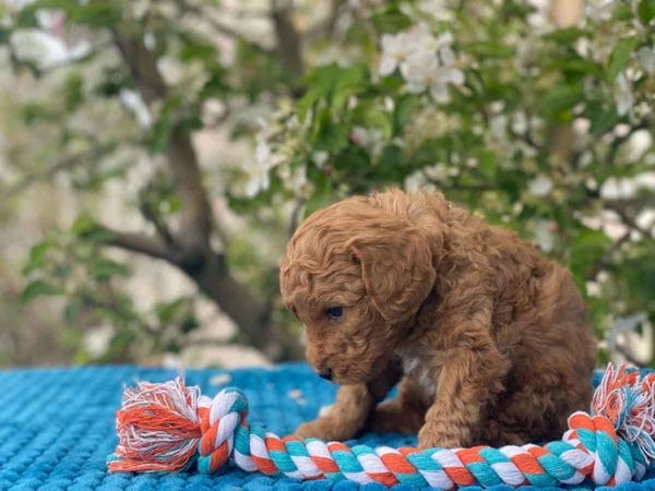 TEACUP GOLDENDOODLE PUPPIES, Precious Doodle Dogs, Teacup Doodle Dogs, Goldendoodle, Doodle Dog, Golden Doodles, Goldendoodle for sale, Goldendoodle puppies for sale, Miniature goldendoodle, goldendoodle puppies, mini goldendoodle, mini puppies, mini goldendoodle size, Mini Doodle Dogs, f1 goldendoodle, golden retriever poodle, chocolate goldendoodle, small doodles, goldendoodle temperament, goldendoodle colors, goldendoodle price, white goldendoodle, f2 goldendoodle, mini goldendoodle price, mini goldendoodle full grown, f1 mini goldendoodle, f1b goldendoodle, parti goldendoodle, goldendoodles near me, english goldendoodle, australian goldendoodle, red goldendoodle, doodle breeds, brown goldendoodle, goldendoodle cost, adult mini goldendoodle, golden noodle dog, doodle dog breeds, miniature golden doodle, miniature puppies, golden retriever poodle mix, A Star is Born, A star is born goldendoodle, a star is born dog, Bradley Cooper's Dog, Bradley Cooper Dog, Bradley Cooper's Goldendoodle, arizona goldendoodles, goldendoodle training, goldendoodle size, how big do mini goldendoodles get, goldendoodle full grown, baby goldendoodle, goldendoodle houston, golden doodles for sale, adult goldendoodle, apricot goldendoodle, goldendoodle grooming, mini golden doodles, goldendoodle shedding, f2b goldendoodle, goldendoodle hypoallergenic, goldendoodle names, english cream goldendoodle, golden retriever and poodle mix, mini goldendoodle puppies, micro goldendoodle, mini goldendoodle puppies for sale, miniature goldendoodle for sale, goldendoodle puppies for adoption, teddy bear goldendoodle, mini goldendoodle rescue, medium goldendoodle, black goldendoodle, mini goldendoodle for sale near me, goldendoodle puppies for sale near me, mini doodle, doodle puppies, mini goldendoodle for sale, goldendoodle breeders near me, miniature goldendoodle for sale near me, toy goldendoodle, petite goldendoodle, golden doodle dog, miniature goldendoodle puppies, mini goldendoodle puppies for sale near me, goldendoodles for sale near me, mini goldedoodle breeders, goldendoodle adoption, f1b mini goldendoodle, small goldendoodle, teacup goldendoodle, goldendoodle puppies near me, goldendoodle breeders, how to groom a goldendoodle, great doodle puppies, golden doodle mix, goldendoodle tampa, goldendoodle facts, white doodle dog, white goldendoodle puppy, mini goldendoodle maryland, country mini doodles, goldendoodle los angeles, toy labradoodle puppies for sale, types of goldendoodles, mini golden retriever puppies, golden goldendoodle, mini golden retriever puppies for sale, miniature australian goldendoodle, goldendoodle sacramento, goldendoodle omaha, labradoodle goldendoodle, f1 medium goldendoodle, BEST goldendoodles, pictures of mini goldendoodles, teacup goldendoodle full grown, micro mini goldendoodle full grown, toy goldendoodle price, goldendoodle chicago, retriever doodle, teacup goldendoodle puppies for sale, cute goldendoodle, mini teddy bear puppies, miniature goldendoodle full grown, f2 mini goldendoodle, goldendoodle spokane, mini goldendoodle chicago, micro mini goldendoodle, how nbig do miniature goldendoodles get, brown mini goldendoodle, mini doodle breeds, poodle doodle dog, what is a mini goldendoodle, black mini goldendoodle, mini irish doodle puppies for sale, f1b goldendoodle size, toy golden doodles, chocolate brown goldendoodle puppies for sale, petite goldendoodle full grown, goldendoodle behavior, american goldendoodle, f1b medium goldendoodle, goldendoodle puppy cost, cute goldendoodle puppies, goldendoodle indianapolis, teddy goldendoodle, mini goldendoodle weight, teddy bear golden doodles, f1b goldendoodle puppies for sale, miniature goldendoodle size, chocolate goldendoodle puppy, english cream mini goldendoodle, doodle puppies near me, red miniature goldendoodle, cream goldendoodle, goldendoodle puppy cut, mini goldendoodle hypoallergenic, dog breed goldendoodle, goldendoodle poodle mixes, goldendoodle allergies, goldendoodle info, sandy ridge goldendoodles, lakeshore goldendoodles, toy goldendoodle puppies for sale, labradoodle and goldendoodle, goldendoodle las vegas, goldendoodle phoenix, doodle breeders near me, miniature goldendoodle weight, black and white goldendoodle, sarasota goldendoodles, mini goldendoodle dallas, a goldendoodle, what is a goldendoodle, goldendoodle dallas, mini golden doodles for sale, ginger doodle puppy, how much does a mini goldendoodle cost, goldendoodle san antonio, goldendoodle photos, goldendoodle cuts, chocolate mini goldendoodle, all about goldendoodles, goldendoodle cincinnati, black doodle dog, goldendoodle weight, miniature goldendoodle breeders, goldendoodle information, miniature goldendoodle puppies for sale, doodle puppies for sale near me, black labradoodle puppies for sale, goldendoodle seattle, golden doodles near me, teacup goldendoodle for sale, golden retriever poodle puppy, goldendoodle rochester ny, goldendoodle and poodle mix, akc goldendoodle, goldendoodle kansas city, mini goldendoodle facts, goldendoodle austin, goldendoodle doodle, goldendoodle tulsa, curly goldendoodle, brown goldendoodle puppies, f1b labradoodle puppies for sale, red mini goldendoodle, goldendoodle poodle, chocolate goldendoodle for sale, tiny goldendoodle, goldendoodle puppies breeders, english goldendoodle puppies for sale, mini golden labradoodle, f1b mini teddy bear goldendoodles, red goldendoodle puppies for sale, miniature golden retriever breeders, f1 goldendoodles for sale, teacup goldendoodle puppies, toy mini goldendoodle, xs petite goldendoodle, f2 goldendoodle puppies for sale, mini goldendoodle cost, black goldendoodle for sale, english teddy bear goldendoodle, small doodle dogs, goldendoodle nashville, english goldendoodle puppies, golden retriever poodle mix for sale, red goldendoodle puppy, parti goldendoodles for sale, english cream goldendoodles for sale, doodle puppies for sale, golden retriever poodle mix puppies, goldendoodle tucson, f1b mini goldendoodle puppies for sale, mini goldendoodle breeders northeast, teddy bear goldendoodle, toy goldendoodle rescue, petite mini goldendoodle, goldendoodle stuff, mini goldendoodles near me, teddy bear goldendoodle puppies, f1 goldendoodle puppies, teddy bear goldendoodles for sale, silver goldendoodle, buy goldendoodle, mini golden doodle dog, teddy bear goldendoodles mini, micro mini goldendoodle puppies for sale, goldendoodle dogs for sale, best goldendoodle breeders, chocolate goldendoodle puppies for sale, doodle dogs for sale, toy goldendoodle puppies, mini doodle dog, toy goldendoodle breeders, doodles for sale, goldendoodle hypoallergenic dog, mini goldendoodle breeders near me, english goldendoodle breeders, f1b mini goldendoodle for sale, teacup goldendoodle price, petite goldendoodle for sale, mini english goldendoodle, mini goldendoodle info, miniature goldendoodle puppies for sale near me, black goldendoodle puppies for sale, f1 goldendoodle puppies for sale, Teacup Goldendoodles AL, Teacup Goldendoodles AK, Teacup Goldendoodles AZ, Teacup Goldendoodles AR, Teacup Goldendoodles CA, Teacup Goldendoodles CO, Teacup Goldendoodles CT, Teacup Goldendoodles DE, Teacup Goldendoodles FL, Teacup Goldendoodles GA, Teacup Goldendoodles HI, Teacup Goldendoodles ID, Teacup Goldendoodles IL, Teacup Goldendoodles IN, Teacup Goldendoodles IA, Teacup Goldendoodles KS, Teacup Goldendoodles KY, Teacup Goldendoodles LA, Teacup Goldendoodles ME, Teacup Goldendoodles MD, Teacup Goldendoodles MA, Teacup Goldendoodles MI, Teacup Goldendoodles MN, Teacup Goldendoodles MS, Teacup Goldendoodles MO, Teacup Goldendoodles MT, Teacup Goldendoodles NE, Teacup Goldendoodles NV, Teacup Goldendoodles NH, Teacup Goldendoodles NJ, Teacup Goldendoodles NM, Teacup Goldendoodles NY, Teacup Goldendoodles NC, Teacup Goldendoodles ND, Teacup Goldendoodles OH, Teacup Goldendoodles OK, Teacup Goldendoodles OR, Teacup Goldendoodles PA, Teacup Goldendoodles RI, Teacup Goldendoodles SC, Teacup Goldendoodles SD, Teacup Goldendoodles TN, Teacup Goldendoodles TX, Teacup Goldendoodles UT, Teacup Goldendoodles VT, Teacup Goldendoodles VA, Teacup Goldendoodles WA, Teacup Goldendoodles WV, Teacup Goldendoodles WI, Teacup Goldendoodles WY, Teacup Golden Doodles AL, Teacup Golden Doodles AK, Teacup Golden Doodles AZ, Teacup Golden Doodles AR, Teacup Golden Doodles CA, Teacup Golden Doodles CO, Teacup Golden Doodles CT, Teacup Golden Doodles DE, Teacup Golden Doodles FL, Teacup Golden Doodles GA, Teacup Golden Doodles HI, Teacup Golden Doodles ID, Teacup Golden Doodles IL, Teacup Golden Doodles IN, Teacup Golden Doodles IA, Teacup Golden Doodles KS, Teacup Golden Doodles KY, Teacup Golden Doodles LA, Teacup Golden Doodles ME, Teacup Golden Doodles MD, Teacup Golden Doodles MA, Teacup Golden Doodles MI, Teacup Golden Doodles MN, Teacup Golden Doodles MS, Teacup Golden Doodles MO, Teacup Golden Doodles MT, Teacup Golden Doodles NE, Teacup Golden Doodles NV, Teacup Golden Doodles NH, Teacup Golden Doodles NJ, Teacup Golden Doodles NM, Teacup Golden Doodles NY, Teacup Golden Doodles NC, Teacup Golden Doodles ND, Teacup Golden Doodles OH, Teacup Golden Doodles OK, Teacup Golden Doodles OR, Teacup Golden Doodles PA, Teacup Golden Doodles RI, Teacup Golden Doodles SC, Teacup Golden Doodles SD, Teacup Golden Doodles TN, Teacup Golden Doodles TX, Teacup Golden Doodles UT, Teacup Golden Doodles VT, Teacup Golden Doodles VA, Teacup Golden Doodles WA, Teacup Golden Doodles WV, Teacup Golden Doodles WI, Teacup Golden Doodles WY, Toy Goldendoodle Alabama, Toy Goldendoodle Alaska, Toy Goldendoodle Arizona, Toy Goldendoodle Arkansas, Toy Goldendoodle California, Toy Goldendoodle Colorado, Toy Goldendoodle Connecticut, Toy Goldendoodle Delaware, Toy Goldendoodle Florida, Toy Goldendoodle Georgia, Toy Goldendoodle Hawaii, Toy Goldendoodle Idaho, Toy Goldendoodle Illinois, Toy Goldendoodle Indiana, Toy Goldendoodle Iowa, Toy Goldendoodle Kansas, Toy Goldendoodle Kentucky, Toy Goldendoodle Louisiana, Toy Goldendoodle Maine, Toy Goldendoodle Maryland, Toy Goldendoodle Massachusetts, Toy Goldendoodle Michigan, Toy Goldendoodle Minnesota, Toy Goldendoodle Mississippi, Toy Goldendoodle Missouri, Toy Goldendoodle Montana, Toy Goldendoodle Nebraska, Toy Goldendoodle Nevada, Toy Goldendoodle New Hampshire, Toy Goldendoodle New Jersey, Toy Goldendoodle New Mexico, Toy Goldendoodle New York, Toy Goldendoodle North Carolina, Toy Goldendoodle North Dakota, Toy Goldendoodle Ohio, Toy Goldendoodle Oklahoma, Toy Goldendoodle Oregon, Toy Goldendoodle Pennsylvania, Toy Goldendoodle Rhode Island, Toy Goldendoodle South Carolina, Toy Goldendoodle South Dakota, Toy Goldendoodle Tennessee, Toy Goldendoodle Texas, Toy Goldendoodle Utah, Toy Goldendoodle Vermont, Toy Goldendoodle Virginia, Toy Goldendoodle Washington, Toy Goldendoodle West Virginia, Toy Goldendoodle Wisconsin, Toy Goldendoodle Wyoming, Teacup Goldendoodle breeders AL, Teacup Goldendoodle breeders AK, Teacup Goldendoodle breeders AZ, Teacup Goldendoodle breeders AR, Teacup Goldendoodle breeders CA, Teacup Goldendoodle breeders CO, Teacup Goldendoodle breeders CT, Teacup Goldendoodle breeders DE, Teacup Goldendoodle breeders FL, Teacup Goldendoodle breeders GA, Teacup Goldendoodle breeders HI, Teacup Goldendoodle breeders ID, Teacup Goldendoodle breeders IL, Teacup Goldendoodle breeders IN, Teacup Goldendoodle breeders IA, Teacup Goldendoodle breeders KS, Teacup Goldendoodle breeders KY, Teacup Goldendoodle breeders LA, Teacup Goldendoodle breeders ME, Teacup Goldendoodle breeders MD, Teacup Goldendoodle breeders MA, Teacup Goldendoodle breeders MI, Teacup Goldendoodle breeders MN, Teacup Goldendoodle breeders MS, Teacup Goldendoodle breeders MO, Teacup Goldendoodle breeders MT, Teacup Goldendoodle breeders NE, Teacup Goldendoodle breeders NV, Teacup Goldendoodle breeders NH, Teacup Goldendoodle breeders NJ, Teacup Goldendoodle breeders NM, Teacup Goldendoodle breeders NY, Teacup Goldendoodle breeders NC, Teacup Goldendoodle breeders ND, Teacup Goldendoodle breeders OH, Teacup Goldendoodle breeders OK, Teacup Goldendoodle breeders OR, Teacup Goldendoodle breeders PA, Teacup Goldendoodle breeders RI, Teacup Goldendoodle breeders SC, Teacup Goldendoodle breeders SD, Teacup Goldendoodle breeders TN, Teacup Goldendoodle breeders TX, Teacup Goldendoodle breeders UT, Teacup Goldendoodle breeders VT, Teacup Goldendoodle breeders VA, Teacup Goldendoodle breeders WA, Teacup Goldendoodle breeders WV, Teacup Goldendoodle breeders WI, Teacup Goldendoodle breeders WY, Teacup Golden doodle puppies for sale in AL, Teacup Golden doodle puppies for sale in AK, Teacup Golden doodle puppies for sale in AZ, Teacup Golden doodle puppies for sale in AR, Teacup Golden doodle puppies for sale in CA, Teacup Golden doodle puppies for sale in CO, Teacup Golden doodle puppies for sale in CT, Teacup Golden doodle puppies for sale in DE, Teacup Golden doodle puppies for sale in FL, Teacup Golden doodle puppies for sale in GA, Teacup Golden doodle puppies for sale in HI, Teacup Golden doodle puppies for sale in ID, Teacup Golden doodle puppies for sale in IL, Teacup Golden doodle puppies for sale in IN, Teacup Golden doodle puppies for sale in IA, Teacup Golden doodle puppies for sale in KS, Teacup Golden doodle puppies for sale in KY, Teacup Golden doodle puppies for sale in LA, Teacup Golden doodle puppies for sale in ME, Teacup Golden doodle puppies for sale in MD, Teacup Golden doodle puppies for sale in MA, Teacup Golden doodle puppies for sale in MI, Teacup Golden doodle puppies for sale in MN, Teacup Golden doodle puppies for sale in MS, Teacup Golden doodle puppies for sale in MO, Teacup Golden doodle puppies for sale in MT, Teacup Golden doodle puppies for sale in NE, Teacup Golden doodle puppies for sale in NV, Teacup Golden doodle puppies for sale in NH, Teacup Golden doodle puppies for sale in NJ, Teacup Golden doodle puppies for sale in NM, Teacup Golden doodle puppies for sale in NY, Teacup Golden doodle puppies for sale in NC, Teacup Golden doodle puppies for sale in ND, Teacup Golden doodle puppies for sale in OH, Teacup Golden doodle puppies for sale in OK, Teacup Golden doodle puppies for sale in OR, Teacup Golden doodle puppies for sale in PA, Teacup Golden doodle puppies for sale in RI, Teacup Golden doodle puppies for sale in SC, Teacup Golden doodle puppies for sale in SD, Teacup Golden doodle puppies for sale in TN, Teacup Golden doodle puppies for sale in TX, Teacup Golden doodle puppies for sale in UT, Teacup Golden doodle puppies for sale in VT, Teacup Golden doodle puppies for sale in VA, Teacup Golden doodle puppies for sale in WA, Teacup Golden doodle puppies for sale in WV, Teacup Golden doodle puppies for sale in WI, Teacup Golden doodle puppies for sale in WY, Teacup Goldendoodles for sale in AL, Teacup Goldendoodles for sale in AK, Teacup Goldendoodles for sale in AZ, Teacup Goldendoodles for sale in AR, Teacup Goldendoodles for sale in CA, Teacup Goldendoodles for sale in CO, Teacup Goldendoodles for sale in CT, Teacup Goldendoodles for sale in DE, Teacup Goldendoodles for sale in FL, Teacup Goldendoodles for sale in GA, Teacup Goldendoodles for sale in HI, Teacup Goldendoodles for sale in ID, Teacup Goldendoodles for sale in IL, Teacup Goldendoodles for sale in IN, Teacup Goldendoodles for sale in IA, Teacup Goldendoodles for sale in KS, Teacup Goldendoodles for sale in KY, Teacup Goldendoodles for sale in LA, Teacup Goldendoodles for sale in ME, Teacup Goldendoodles for sale in MD, Teacup Goldendoodles for sale in MA, Teacup Goldendoodles for sale in MI, Teacup Goldendoodles for sale in MN, Teacup Goldendoodles for sale in MS, Teacup Goldendoodles for sale in MO, Teacup Goldendoodles for sale in MT, Teacup Goldendoodles for sale in NE, Teacup Goldendoodles for sale in NV, Teacup Goldendoodles for sale in NH, Teacup Goldendoodles for sale in NJ, Teacup Goldendoodles for sale in NM, Teacup Goldendoodles for sale in NY, Teacup Goldendoodles for sale in NC, Teacup Goldendoodles for sale in ND, Teacup Goldendoodles for sale in OH, Teacup Goldendoodles for sale in OK, Teacup Goldendoodles for sale in OR, Teacup Goldendoodles for sale in PA, Teacup Goldendoodles for sale in RI, Teacup Goldendoodles for sale in SC, Teacup Goldendoodles for sale in SD, Teacup Goldendoodles for sale in TN, Teacup Goldendoodles for sale in TX, Teacup Goldendoodles for sale in UT, Teacup Goldendoodles for sale in VT, Teacup Goldendoodles for sale in VA, Teacup Goldendoodles for sale in WA, Teacup Goldendoodles for sale in WV, Teacup Goldendoodles for sale in WI, Teacup Goldendoodles for sale in WY, Teacup Goldendoodle Alabama, Teacup Goldendoodle Alaska, Teacup Goldendoodle Arizona, Teacup Goldendoodle Arkansas, Teacup Goldendoodle California, Teacup Goldendoodle Colorado, Teacup Goldendoodle Connecticut, Teacup Goldendoodle Delaware, Teacup Goldendoodle Florida, Teacup Goldendoodle Georgia, Teacup Goldendoodle Hawaii, Teacup Goldendoodle Idaho, Teacup Goldendoodle Illinois, Teacup Goldendoodle Indiana, Teacup Goldendoodle Iowa, Teacup Goldendoodle Kansas, Teacup Goldendoodle Kentucky, Teacup Goldendoodle Louisiana, Teacup Goldendoodle Maine, Teacup Goldendoodle Maryland, Teacup Goldendoodle Massachusetts, Teacup Goldendoodle Michigan, Teacup Goldendoodle Minnesota, Teacup Goldendoodle Mississippi, Teacup Goldendoodle Missouri, Teacup Goldendoodle Montana, Teacup Goldendoodle Nebraska, Teacup Goldendoodle Nevada, Teacup Goldendoodle New Hampshire, Teacup Goldendoodle New Jersey, Teacup Goldendoodle New Mexico, Teacup Goldendoodle New York, Teacup Goldendoodle North Carolina, Teacup Goldendoodle North Dakota, Teacup Goldendoodle Ohio, Teacup Goldendoodle Oklahoma, Teacup Goldendoodle Oregon, Teacup Goldendoodle Pennsylvania, Teacup Goldendoodle Rhode Island, Teacup Goldendoodle South Carolina, Teacup Goldendoodle South Dakota, Teacup Goldendoodle Tennessee, Teacup Goldendoodle Texas, Teacup Goldendoodle Utah, Teacup Goldendoodle Vermont, Teacup Goldendoodle Virginia, Teacup Goldendoodle Washington, Teacup Goldendoodle West Virginia, Teacup Goldendoodle Wisconsin, Teacup Goldendoodle Wyoming, Goldendoodle Breeders AL, Goldendoodle Breeders AK, Goldendoodle Breeders AZ, Goldendoodle Breeders AR, Goldendoodle Breeders CA, Goldendoodle Breeders CO, Goldendoodle Breeders CT, Goldendoodle Breeders DE, Goldendoodle Breeders FL, Goldendoodle Breeders GA, Goldendoodle Breeders HI, Goldendoodle Breeders ID, Goldendoodle Breeders IL, Goldendoodle Breeders IN, Goldendoodle Breeders IA, Goldendoodle Breeders KS, Goldendoodle Breeders KY, Goldendoodle Breeders LA, Goldendoodle Breeders ME, Goldendoodle Breeders MD, Goldendoodle Breeders MA, Goldendoodle Breeders MI, Goldendoodle Breeders MN, Goldendoodle Breeders MS, Goldendoodle Breeders MO, Goldendoodle Breeders MT, Goldendoodle Breeders NE, Goldendoodle Breeders NV, Goldendoodle Breeders NH, Goldendoodle Breeders NJ, Goldendoodle Breeders NM, Goldendoodle Breeders NY, Goldendoodle Breeders NC, Goldendoodle Breeders ND, Goldendoodle Breeders OH, Goldendoodle Breeders OK, Goldendoodle Breeders OR, Goldendoodle Breeders PA, Goldendoodle Breeders RI, Goldendoodle Breeders SC, Goldendoodle Breeders SD, Goldendoodle Breeders TN, Goldendoodle Breeders TX, Goldendoodle Breeders UT, Goldendoodle Breeders VT, Goldendoodle Breeders VA, Goldendoodle Breeders WA, Goldendoodle Breeders WV, Goldendoodle Breeders WI, Goldendoodle Breeders WY, Teacup Golden doodles for sale in AL, Teacup Golden doodles for sale in AK, Teacup Golden doodles for sale in AZ, Teacup Golden doodles for sale in AR, Teacup Golden doodles for sale in CA, Teacup Golden doodles for sale in CO, Teacup Golden doodles for sale in CT, Teacup Golden doodles for sale in DE, Teacup Golden doodles for sale in FL, Teacup Golden doodles for sale in GA, Teacup Golden doodles for sale in HI, Teacup Golden doodles for sale in ID, Teacup Golden doodles for sale in IL, Teacup Golden doodles for sale in IN, Teacup Golden doodles for sale in IA, Teacup Golden doodles for sale in KS, Teacup Golden doodles for sale in KY, Teacup Golden doodles for sale in LA, Teacup Golden doodles for sale in ME, Teacup Golden doodles for sale in MD, Teacup Golden doodles for sale in MA, Teacup Golden doodles for sale in MI, Teacup Golden doodles for sale in MN, Teacup Golden doodles for sale in MS, Teacup Golden doodles for sale in MO, Teacup Golden doodles for sale in MT, Teacup Golden doodles for sale in NE, Teacup Golden doodles for sale in NV, Teacup Golden doodles for sale in NH, Teacup Golden doodles for sale in NJ, Teacup Golden doodles for sale in NM, Teacup Golden doodles for sale in NY, Teacup Golden doodles for sale in NC, Teacup Golden doodles for sale in ND, Teacup Golden doodles for sale in OH, Teacup Golden doodles for sale in OK, Teacup Golden doodles for sale in OR, Teacup Golden doodles for sale in PA, Teacup Golden doodles for sale in RI, Teacup Golden doodles for sale in SC, Teacup Golden doodles for sale in SD, Teacup Golden doodles for sale in TN, Teacup Golden doodles for sale in TX, Teacup Golden doodles for sale in UT, Teacup Golden doodles for sale in VT, Teacup Golden doodles for sale in VA, Teacup Golden doodles for sale in WA, Teacup Golden doodles for sale in WV, Teacup Golden doodles for sale in WI, Teacup Golden doodles for sale in WY,
