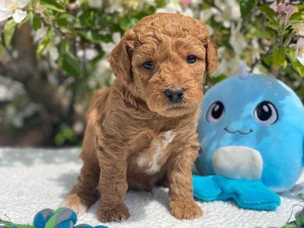 TEACUP GOLDENDOODLE PUPPIES, Precious Doodle Dogs, Teacup Doodle Dogs, Goldendoodle, Doodle Dog, Golden Doodles, Goldendoodle for sale, Goldendoodle puppies for sale, Miniature goldendoodle, goldendoodle puppies, mini goldendoodle, mini puppies, mini goldendoodle size, Mini Doodle Dogs, f1 goldendoodle, golden retriever poodle, chocolate goldendoodle, small doodles, goldendoodle temperament, goldendoodle colors, goldendoodle price, white goldendoodle, f2 goldendoodle, mini goldendoodle price, mini goldendoodle full grown, f1 mini goldendoodle, f1b goldendoodle, parti goldendoodle, goldendoodles near me, english goldendoodle, australian goldendoodle, red goldendoodle, doodle breeds, brown goldendoodle, goldendoodle cost, adult mini goldendoodle, golden noodle dog, doodle dog breeds, miniature golden doodle, miniature puppies, golden retriever poodle mix, A Star is Born, A star is born goldendoodle, a star is born dog, Bradley Cooper's Dog, Bradley Cooper Dog, Bradley Cooper's Goldendoodle, arizona goldendoodles, goldendoodle training, goldendoodle size, how big do mini goldendoodles get, goldendoodle full grown, baby goldendoodle, goldendoodle houston, golden doodles for sale, adult goldendoodle, apricot goldendoodle, goldendoodle grooming, mini golden doodles, goldendoodle shedding, f2b goldendoodle, goldendoodle hypoallergenic, goldendoodle names, english cream goldendoodle, golden retriever and poodle mix, mini goldendoodle puppies, micro goldendoodle, mini goldendoodle puppies for sale, miniature goldendoodle for sale, goldendoodle puppies for adoption, teddy bear goldendoodle, mini goldendoodle rescue, medium goldendoodle, black goldendoodle, mini goldendoodle for sale near me, goldendoodle puppies for sale near me, mini doodle, doodle puppies, mini goldendoodle for sale, goldendoodle breeders near me, miniature goldendoodle for sale near me, toy goldendoodle, petite goldendoodle, golden doodle dog, miniature goldendoodle puppies, mini goldendoodle puppies for sale near me, goldendoodles for sale near me, mini goldedoodle breeders, goldendoodle adoption, f1b mini goldendoodle, small goldendoodle, teacup goldendoodle, goldendoodle puppies near me, goldendoodle breeders, how to groom a goldendoodle, great doodle puppies, golden doodle mix, goldendoodle tampa, goldendoodle facts, white doodle dog, white goldendoodle puppy, mini goldendoodle maryland, country mini doodles, goldendoodle los angeles, toy labradoodle puppies for sale, types of goldendoodles, mini golden retriever puppies, golden goldendoodle, mini golden retriever puppies for sale, miniature australian goldendoodle, goldendoodle sacramento, goldendoodle omaha, labradoodle goldendoodle, f1 medium goldendoodle, BEST goldendoodles, pictures of mini goldendoodles, teacup goldendoodle full grown, micro mini goldendoodle full grown, toy goldendoodle price, goldendoodle chicago, retriever doodle, teacup goldendoodle puppies for sale, cute goldendoodle, mini teddy bear puppies, miniature goldendoodle full grown, f2 mini goldendoodle, goldendoodle spokane, mini goldendoodle chicago, micro mini goldendoodle, how nbig do miniature goldendoodles get, brown mini goldendoodle, mini doodle breeds, poodle doodle dog, what is a mini goldendoodle, black mini goldendoodle, mini irish doodle puppies for sale, f1b goldendoodle size, toy golden doodles, chocolate brown goldendoodle puppies for sale, petite goldendoodle full grown, goldendoodle behavior, american goldendoodle, f1b medium goldendoodle, goldendoodle puppy cost, cute goldendoodle puppies, goldendoodle indianapolis, teddy goldendoodle, mini goldendoodle weight, teddy bear golden doodles, f1b goldendoodle puppies for sale, miniature goldendoodle size, chocolate goldendoodle puppy, english cream mini goldendoodle, doodle puppies near me, red miniature goldendoodle, cream goldendoodle, goldendoodle puppy cut, mini goldendoodle hypoallergenic, dog breed goldendoodle, goldendoodle poodle mixes, goldendoodle allergies, goldendoodle info, sandy ridge goldendoodles, lakeshore goldendoodles, toy goldendoodle puppies for sale, labradoodle and goldendoodle, goldendoodle las vegas, goldendoodle phoenix, doodle breeders near me, miniature goldendoodle weight, black and white goldendoodle, sarasota goldendoodles, mini goldendoodle dallas, a goldendoodle, what is a goldendoodle, goldendoodle dallas, mini golden doodles for sale, ginger doodle puppy, how much does a mini goldendoodle cost, goldendoodle san antonio, goldendoodle photos, goldendoodle cuts, chocolate mini goldendoodle, all about goldendoodles, goldendoodle cincinnati, black doodle dog, goldendoodle weight, miniature goldendoodle breeders, goldendoodle information, miniature goldendoodle puppies for sale, doodle puppies for sale near me, black labradoodle puppies for sale, goldendoodle seattle, golden doodles near me, teacup goldendoodle for sale, golden retriever poodle puppy, goldendoodle rochester ny, goldendoodle and poodle mix, akc goldendoodle, goldendoodle kansas city, mini goldendoodle facts, goldendoodle austin, goldendoodle doodle, goldendoodle tulsa, curly goldendoodle, brown goldendoodle puppies, f1b labradoodle puppies for sale, red mini goldendoodle, goldendoodle poodle, chocolate goldendoodle for sale, tiny goldendoodle, goldendoodle puppies breeders, english goldendoodle puppies for sale, mini golden labradoodle, f1b mini teddy bear goldendoodles, red goldendoodle puppies for sale, miniature golden retriever breeders, f1 goldendoodles for sale, teacup goldendoodle puppies, toy mini goldendoodle, xs petite goldendoodle, f2 goldendoodle puppies for sale, mini goldendoodle cost, black goldendoodle for sale, english teddy bear goldendoodle, small doodle dogs, goldendoodle nashville, english goldendoodle puppies, golden retriever poodle mix for sale, red goldendoodle puppy, parti goldendoodles for sale, english cream goldendoodles for sale, doodle puppies for sale, golden retriever poodle mix puppies, goldendoodle tucson, f1b mini goldendoodle puppies for sale, mini goldendoodle breeders northeast, teddy bear goldendoodle, toy goldendoodle rescue, petite mini goldendoodle, goldendoodle stuff, mini goldendoodles near me, teddy bear goldendoodle puppies, f1 goldendoodle puppies, teddy bear goldendoodles for sale, silver goldendoodle, buy goldendoodle, mini golden doodle dog, teddy bear goldendoodles mini, micro mini goldendoodle puppies for sale, goldendoodle dogs for sale, best goldendoodle breeders, chocolate goldendoodle puppies for sale, doodle dogs for sale, toy goldendoodle puppies, mini doodle dog, toy goldendoodle breeders, doodles for sale, goldendoodle hypoallergenic dog, mini goldendoodle breeders near me, english goldendoodle breeders, f1b mini goldendoodle for sale, teacup goldendoodle price, petite goldendoodle for sale, mini english goldendoodle, mini goldendoodle info, miniature goldendoodle puppies for sale near me, black goldendoodle puppies for sale, f1 goldendoodle puppies for sale, Teacup Goldendoodles AL, Teacup Goldendoodles AK, Teacup Goldendoodles AZ, Teacup Goldendoodles AR, Teacup Goldendoodles CA, Teacup Goldendoodles CO, Teacup Goldendoodles CT, Teacup Goldendoodles DE, Teacup Goldendoodles FL, Teacup Goldendoodles GA, Teacup Goldendoodles HI, Teacup Goldendoodles ID, Teacup Goldendoodles IL, Teacup Goldendoodles IN, Teacup Goldendoodles IA, Teacup Goldendoodles KS, Teacup Goldendoodles KY, Teacup Goldendoodles LA, Teacup Goldendoodles ME, Teacup Goldendoodles MD, Teacup Goldendoodles MA, Teacup Goldendoodles MI, Teacup Goldendoodles MN, Teacup Goldendoodles MS, Teacup Goldendoodles MO, Teacup Goldendoodles MT, Teacup Goldendoodles NE, Teacup Goldendoodles NV, Teacup Goldendoodles NH, Teacup Goldendoodles NJ, Teacup Goldendoodles NM, Teacup Goldendoodles NY, Teacup Goldendoodles NC, Teacup Goldendoodles ND, Teacup Goldendoodles OH, Teacup Goldendoodles OK, Teacup Goldendoodles OR, Teacup Goldendoodles PA, Teacup Goldendoodles RI, Teacup Goldendoodles SC, Teacup Goldendoodles SD, Teacup Goldendoodles TN, Teacup Goldendoodles TX, Teacup Goldendoodles UT, Teacup Goldendoodles VT, Teacup Goldendoodles VA, Teacup Goldendoodles WA, Teacup Goldendoodles WV, Teacup Goldendoodles WI, Teacup Goldendoodles WY, Teacup Golden Doodles AL, Teacup Golden Doodles AK, Teacup Golden Doodles AZ, Teacup Golden Doodles AR, Teacup Golden Doodles CA, Teacup Golden Doodles CO, Teacup Golden Doodles CT, Teacup Golden Doodles DE, Teacup Golden Doodles FL, Teacup Golden Doodles GA, Teacup Golden Doodles HI, Teacup Golden Doodles ID, Teacup Golden Doodles IL, Teacup Golden Doodles IN, Teacup Golden Doodles IA, Teacup Golden Doodles KS, Teacup Golden Doodles KY, Teacup Golden Doodles LA, Teacup Golden Doodles ME, Teacup Golden Doodles MD, Teacup Golden Doodles MA, Teacup Golden Doodles MI, Teacup Golden Doodles MN, Teacup Golden Doodles MS, Teacup Golden Doodles MO, Teacup Golden Doodles MT, Teacup Golden Doodles NE, Teacup Golden Doodles NV, Teacup Golden Doodles NH, Teacup Golden Doodles NJ, Teacup Golden Doodles NM, Teacup Golden Doodles NY, Teacup Golden Doodles NC, Teacup Golden Doodles ND, Teacup Golden Doodles OH, Teacup Golden Doodles OK, Teacup Golden Doodles OR, Teacup Golden Doodles PA, Teacup Golden Doodles RI, Teacup Golden Doodles SC, Teacup Golden Doodles SD, Teacup Golden Doodles TN, Teacup Golden Doodles TX, Teacup Golden Doodles UT, Teacup Golden Doodles VT, Teacup Golden Doodles VA, Teacup Golden Doodles WA, Teacup Golden Doodles WV, Teacup Golden Doodles WI, Teacup Golden Doodles WY, Toy Goldendoodle Alabama, Toy Goldendoodle Alaska, Toy Goldendoodle Arizona, Toy Goldendoodle Arkansas, Toy Goldendoodle California, Toy Goldendoodle Colorado, Toy Goldendoodle Connecticut, Toy Goldendoodle Delaware, Toy Goldendoodle Florida, Toy Goldendoodle Georgia, Toy Goldendoodle Hawaii, Toy Goldendoodle Idaho, Toy Goldendoodle Illinois, Toy Goldendoodle Indiana, Toy Goldendoodle Iowa, Toy Goldendoodle Kansas, Toy Goldendoodle Kentucky, Toy Goldendoodle Louisiana, Toy Goldendoodle Maine, Toy Goldendoodle Maryland, Toy Goldendoodle Massachusetts, Toy Goldendoodle Michigan, Toy Goldendoodle Minnesota, Toy Goldendoodle Mississippi, Toy Goldendoodle Missouri, Toy Goldendoodle Montana, Toy Goldendoodle Nebraska, Toy Goldendoodle Nevada, Toy Goldendoodle New Hampshire, Toy Goldendoodle New Jersey, Toy Goldendoodle New Mexico, Toy Goldendoodle New York, Toy Goldendoodle North Carolina, Toy Goldendoodle North Dakota, Toy Goldendoodle Ohio, Toy Goldendoodle Oklahoma, Toy Goldendoodle Oregon, Toy Goldendoodle Pennsylvania, Toy Goldendoodle Rhode Island, Toy Goldendoodle South Carolina, Toy Goldendoodle South Dakota, Toy Goldendoodle Tennessee, Toy Goldendoodle Texas, Toy Goldendoodle Utah, Toy Goldendoodle Vermont, Toy Goldendoodle Virginia, Toy Goldendoodle Washington, Toy Goldendoodle West Virginia, Toy Goldendoodle Wisconsin, Toy Goldendoodle Wyoming, Teacup Goldendoodle breeders AL, Teacup Goldendoodle breeders AK, Teacup Goldendoodle breeders AZ, Teacup Goldendoodle breeders AR, Teacup Goldendoodle breeders CA, Teacup Goldendoodle breeders CO, Teacup Goldendoodle breeders CT, Teacup Goldendoodle breeders DE, Teacup Goldendoodle breeders FL, Teacup Goldendoodle breeders GA, Teacup Goldendoodle breeders HI, Teacup Goldendoodle breeders ID, Teacup Goldendoodle breeders IL, Teacup Goldendoodle breeders IN, Teacup Goldendoodle breeders IA, Teacup Goldendoodle breeders KS, Teacup Goldendoodle breeders KY, Teacup Goldendoodle breeders LA, Teacup Goldendoodle breeders ME, Teacup Goldendoodle breeders MD, Teacup Goldendoodle breeders MA, Teacup Goldendoodle breeders MI, Teacup Goldendoodle breeders MN, Teacup Goldendoodle breeders MS, Teacup Goldendoodle breeders MO, Teacup Goldendoodle breeders MT, Teacup Goldendoodle breeders NE, Teacup Goldendoodle breeders NV, Teacup Goldendoodle breeders NH, Teacup Goldendoodle breeders NJ, Teacup Goldendoodle breeders NM, Teacup Goldendoodle breeders NY, Teacup Goldendoodle breeders NC, Teacup Goldendoodle breeders ND, Teacup Goldendoodle breeders OH, Teacup Goldendoodle breeders OK, Teacup Goldendoodle breeders OR, Teacup Goldendoodle breeders PA, Teacup Goldendoodle breeders RI, Teacup Goldendoodle breeders SC, Teacup Goldendoodle breeders SD, Teacup Goldendoodle breeders TN, Teacup Goldendoodle breeders TX, Teacup Goldendoodle breeders UT, Teacup Goldendoodle breeders VT, Teacup Goldendoodle breeders VA, Teacup Goldendoodle breeders WA, Teacup Goldendoodle breeders WV, Teacup Goldendoodle breeders WI, Teacup Goldendoodle breeders WY, Teacup Golden doodle puppies for sale in AL, Teacup Golden doodle puppies for sale in AK, Teacup Golden doodle puppies for sale in AZ, Teacup Golden doodle puppies for sale in AR, Teacup Golden doodle puppies for sale in CA, Teacup Golden doodle puppies for sale in CO, Teacup Golden doodle puppies for sale in CT, Teacup Golden doodle puppies for sale in DE, Teacup Golden doodle puppies for sale in FL, Teacup Golden doodle puppies for sale in GA, Teacup Golden doodle puppies for sale in HI, Teacup Golden doodle puppies for sale in ID, Teacup Golden doodle puppies for sale in IL, Teacup Golden doodle puppies for sale in IN, Teacup Golden doodle puppies for sale in IA, Teacup Golden doodle puppies for sale in KS, Teacup Golden doodle puppies for sale in KY, Teacup Golden doodle puppies for sale in LA, Teacup Golden doodle puppies for sale in ME, Teacup Golden doodle puppies for sale in MD, Teacup Golden doodle puppies for sale in MA, Teacup Golden doodle puppies for sale in MI, Teacup Golden doodle puppies for sale in MN, Teacup Golden doodle puppies for sale in MS, Teacup Golden doodle puppies for sale in MO, Teacup Golden doodle puppies for sale in MT, Teacup Golden doodle puppies for sale in NE, Teacup Golden doodle puppies for sale in NV, Teacup Golden doodle puppies for sale in NH, Teacup Golden doodle puppies for sale in NJ, Teacup Golden doodle puppies for sale in NM, Teacup Golden doodle puppies for sale in NY, Teacup Golden doodle puppies for sale in NC, Teacup Golden doodle puppies for sale in ND, Teacup Golden doodle puppies for sale in OH, Teacup Golden doodle puppies for sale in OK, Teacup Golden doodle puppies for sale in OR, Teacup Golden doodle puppies for sale in PA, Teacup Golden doodle puppies for sale in RI, Teacup Golden doodle puppies for sale in SC, Teacup Golden doodle puppies for sale in SD, Teacup Golden doodle puppies for sale in TN, Teacup Golden doodle puppies for sale in TX, Teacup Golden doodle puppies for sale in UT, Teacup Golden doodle puppies for sale in VT, Teacup Golden doodle puppies for sale in VA, Teacup Golden doodle puppies for sale in WA, Teacup Golden doodle puppies for sale in WV, Teacup Golden doodle puppies for sale in WI, Teacup Golden doodle puppies for sale in WY, Teacup Goldendoodles for sale in AL, Teacup Goldendoodles for sale in AK, Teacup Goldendoodles for sale in AZ, Teacup Goldendoodles for sale in AR, Teacup Goldendoodles for sale in CA, Teacup Goldendoodles for sale in CO, Teacup Goldendoodles for sale in CT, Teacup Goldendoodles for sale in DE, Teacup Goldendoodles for sale in FL, Teacup Goldendoodles for sale in GA, Teacup Goldendoodles for sale in HI, Teacup Goldendoodles for sale in ID, Teacup Goldendoodles for sale in IL, Teacup Goldendoodles for sale in IN, Teacup Goldendoodles for sale in IA, Teacup Goldendoodles for sale in KS, Teacup Goldendoodles for sale in KY, Teacup Goldendoodles for sale in LA, Teacup Goldendoodles for sale in ME, Teacup Goldendoodles for sale in MD, Teacup Goldendoodles for sale in MA, Teacup Goldendoodles for sale in MI, Teacup Goldendoodles for sale in MN, Teacup Goldendoodles for sale in MS, Teacup Goldendoodles for sale in MO, Teacup Goldendoodles for sale in MT, Teacup Goldendoodles for sale in NE, Teacup Goldendoodles for sale in NV, Teacup Goldendoodles for sale in NH, Teacup Goldendoodles for sale in NJ, Teacup Goldendoodles for sale in NM, Teacup Goldendoodles for sale in NY, Teacup Goldendoodles for sale in NC, Teacup Goldendoodles for sale in ND, Teacup Goldendoodles for sale in OH, Teacup Goldendoodles for sale in OK, Teacup Goldendoodles for sale in OR, Teacup Goldendoodles for sale in PA, Teacup Goldendoodles for sale in RI, Teacup Goldendoodles for sale in SC, Teacup Goldendoodles for sale in SD, Teacup Goldendoodles for sale in TN, Teacup Goldendoodles for sale in TX, Teacup Goldendoodles for sale in UT, Teacup Goldendoodles for sale in VT, Teacup Goldendoodles for sale in VA, Teacup Goldendoodles for sale in WA, Teacup Goldendoodles for sale in WV, Teacup Goldendoodles for sale in WI, Teacup Goldendoodles for sale in WY, Teacup Goldendoodle Alabama, Teacup Goldendoodle Alaska, Teacup Goldendoodle Arizona, Teacup Goldendoodle Arkansas, Teacup Goldendoodle California, Teacup Goldendoodle Colorado, Teacup Goldendoodle Connecticut, Teacup Goldendoodle Delaware, Teacup Goldendoodle Florida, Teacup Goldendoodle Georgia, Teacup Goldendoodle Hawaii, Teacup Goldendoodle Idaho, Teacup Goldendoodle Illinois, Teacup Goldendoodle Indiana, Teacup Goldendoodle Iowa, Teacup Goldendoodle Kansas, Teacup Goldendoodle Kentucky, Teacup Goldendoodle Louisiana, Teacup Goldendoodle Maine, Teacup Goldendoodle Maryland, Teacup Goldendoodle Massachusetts, Teacup Goldendoodle Michigan, Teacup Goldendoodle Minnesota, Teacup Goldendoodle Mississippi, Teacup Goldendoodle Missouri, Teacup Goldendoodle Montana, Teacup Goldendoodle Nebraska, Teacup Goldendoodle Nevada, Teacup Goldendoodle New Hampshire, Teacup Goldendoodle New Jersey, Teacup Goldendoodle New Mexico, Teacup Goldendoodle New York, Teacup Goldendoodle North Carolina, Teacup Goldendoodle North Dakota, Teacup Goldendoodle Ohio, Teacup Goldendoodle Oklahoma, Teacup Goldendoodle Oregon, Teacup Goldendoodle Pennsylvania, Teacup Goldendoodle Rhode Island, Teacup Goldendoodle South Carolina, Teacup Goldendoodle South Dakota, Teacup Goldendoodle Tennessee, Teacup Goldendoodle Texas, Teacup Goldendoodle Utah, Teacup Goldendoodle Vermont, Teacup Goldendoodle Virginia, Teacup Goldendoodle Washington, Teacup Goldendoodle West Virginia, Teacup Goldendoodle Wisconsin, Teacup Goldendoodle Wyoming, Goldendoodle Breeders AL, Goldendoodle Breeders AK, Goldendoodle Breeders AZ, Goldendoodle Breeders AR, Goldendoodle Breeders CA, Goldendoodle Breeders CO, Goldendoodle Breeders CT, Goldendoodle Breeders DE, Goldendoodle Breeders FL, Goldendoodle Breeders GA, Goldendoodle Breeders HI, Goldendoodle Breeders ID, Goldendoodle Breeders IL, Goldendoodle Breeders IN, Goldendoodle Breeders IA, Goldendoodle Breeders KS, Goldendoodle Breeders KY, Goldendoodle Breeders LA, Goldendoodle Breeders ME, Goldendoodle Breeders MD, Goldendoodle Breeders MA, Goldendoodle Breeders MI, Goldendoodle Breeders MN, Goldendoodle Breeders MS, Goldendoodle Breeders MO, Goldendoodle Breeders MT, Goldendoodle Breeders NE, Goldendoodle Breeders NV, Goldendoodle Breeders NH, Goldendoodle Breeders NJ, Goldendoodle Breeders NM, Goldendoodle Breeders NY, Goldendoodle Breeders NC, Goldendoodle Breeders ND, Goldendoodle Breeders OH, Goldendoodle Breeders OK, Goldendoodle Breeders OR, Goldendoodle Breeders PA, Goldendoodle Breeders RI, Goldendoodle Breeders SC, Goldendoodle Breeders SD, Goldendoodle Breeders TN, Goldendoodle Breeders TX, Goldendoodle Breeders UT, Goldendoodle Breeders VT, Goldendoodle Breeders VA, Goldendoodle Breeders WA, Goldendoodle Breeders WV, Goldendoodle Breeders WI, Goldendoodle Breeders WY, Teacup Golden doodles for sale in AL, Teacup Golden doodles for sale in AK, Teacup Golden doodles for sale in AZ, Teacup Golden doodles for sale in AR, Teacup Golden doodles for sale in CA, Teacup Golden doodles for sale in CO, Teacup Golden doodles for sale in CT, Teacup Golden doodles for sale in DE, Teacup Golden doodles for sale in FL, Teacup Golden doodles for sale in GA, Teacup Golden doodles for sale in HI, Teacup Golden doodles for sale in ID, Teacup Golden doodles for sale in IL, Teacup Golden doodles for sale in IN, Teacup Golden doodles for sale in IA, Teacup Golden doodles for sale in KS, Teacup Golden doodles for sale in KY, Teacup Golden doodles for sale in LA, Teacup Golden doodles for sale in ME, Teacup Golden doodles for sale in MD, Teacup Golden doodles for sale in MA, Teacup Golden doodles for sale in MI, Teacup Golden doodles for sale in MN, Teacup Golden doodles for sale in MS, Teacup Golden doodles for sale in MO, Teacup Golden doodles for sale in MT, Teacup Golden doodles for sale in NE, Teacup Golden doodles for sale in NV, Teacup Golden doodles for sale in NH, Teacup Golden doodles for sale in NJ, Teacup Golden doodles for sale in NM, Teacup Golden doodles for sale in NY, Teacup Golden doodles for sale in NC, Teacup Golden doodles for sale in ND, Teacup Golden doodles for sale in OH, Teacup Golden doodles for sale in OK, Teacup Golden doodles for sale in OR, Teacup Golden doodles for sale in PA, Teacup Golden doodles for sale in RI, Teacup Golden doodles for sale in SC, Teacup Golden doodles for sale in SD, Teacup Golden doodles for sale in TN, Teacup Golden doodles for sale in TX, Teacup Golden doodles for sale in UT, Teacup Golden doodles for sale in VT, Teacup Golden doodles for sale in VA, Teacup Golden doodles for sale in WA, Teacup Golden doodles for sale in WV, Teacup Golden doodles for sale in WI, Teacup Golden doodles for sale in WY,
