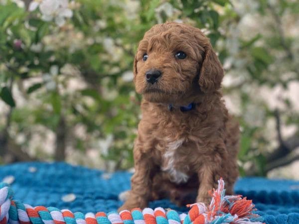 TEACUP GOLDENDOODLE PUPPIES, Precious Doodle Dogs, Teacup Doodle Dogs, Goldendoodle, Doodle Dog, Golden Doodles, Goldendoodle for sale, Goldendoodle puppies for sale, Miniature goldendoodle, goldendoodle puppies, mini goldendoodle, mini puppies, mini goldendoodle size, Mini Doodle Dogs, f1 goldendoodle, golden retriever poodle, chocolate goldendoodle, small doodles, goldendoodle temperament, goldendoodle colors, goldendoodle price, white goldendoodle, f2 goldendoodle, mini goldendoodle price, mini goldendoodle full grown, f1 mini goldendoodle, f1b goldendoodle, parti goldendoodle, goldendoodles near me, english goldendoodle, australian goldendoodle, red goldendoodle, doodle breeds, brown goldendoodle, goldendoodle cost, adult mini goldendoodle, golden noodle dog, doodle dog breeds, miniature golden doodle, miniature puppies, golden retriever poodle mix, A Star is Born, A star is born goldendoodle, a star is born dog, Bradley Cooper's Dog, Bradley Cooper Dog, Bradley Cooper's Goldendoodle, arizona goldendoodles, goldendoodle training, goldendoodle size, how big do mini goldendoodles get, goldendoodle full grown, baby goldendoodle, goldendoodle houston, golden doodles for sale, adult goldendoodle, apricot goldendoodle, goldendoodle grooming, mini golden doodles, goldendoodle shedding, f2b goldendoodle, goldendoodle hypoallergenic, goldendoodle names, english cream goldendoodle, golden retriever and poodle mix, mini goldendoodle puppies, micro goldendoodle, mini goldendoodle puppies for sale, miniature goldendoodle for sale, goldendoodle puppies for adoption, teddy bear goldendoodle, mini goldendoodle rescue, medium goldendoodle, black goldendoodle, mini goldendoodle for sale near me, goldendoodle puppies for sale near me, mini doodle, doodle puppies, mini goldendoodle for sale, goldendoodle breeders near me, miniature goldendoodle for sale near me, toy goldendoodle, petite goldendoodle, golden doodle dog, miniature goldendoodle puppies, mini goldendoodle puppies for sale near me, goldendoodles for sale near me, mini goldedoodle breeders, goldendoodle adoption, f1b mini goldendoodle, small goldendoodle, teacup goldendoodle, goldendoodle puppies near me, goldendoodle breeders, how to groom a goldendoodle, great doodle puppies, golden doodle mix, goldendoodle tampa, goldendoodle facts, white doodle dog, white goldendoodle puppy, mini goldendoodle maryland, country mini doodles, goldendoodle los angeles, toy labradoodle puppies for sale, types of goldendoodles, mini golden retriever puppies, golden goldendoodle, mini golden retriever puppies for sale, miniature australian goldendoodle, goldendoodle sacramento, goldendoodle omaha, labradoodle goldendoodle, f1 medium goldendoodle, BEST goldendoodles, pictures of mini goldendoodles, teacup goldendoodle full grown, micro mini goldendoodle full grown, toy goldendoodle price, goldendoodle chicago, retriever doodle, teacup goldendoodle puppies for sale, cute goldendoodle, mini teddy bear puppies, miniature goldendoodle full grown, f2 mini goldendoodle, goldendoodle spokane, mini goldendoodle chicago, micro mini goldendoodle, how nbig do miniature goldendoodles get, brown mini goldendoodle, mini doodle breeds, poodle doodle dog, what is a mini goldendoodle, black mini goldendoodle, mini irish doodle puppies for sale, f1b goldendoodle size, toy golden doodles, chocolate brown goldendoodle puppies for sale, petite goldendoodle full grown, goldendoodle behavior, american goldendoodle, f1b medium goldendoodle, goldendoodle puppy cost, cute goldendoodle puppies, goldendoodle indianapolis, teddy goldendoodle, mini goldendoodle weight, teddy bear golden doodles, f1b goldendoodle puppies for sale, miniature goldendoodle size, chocolate goldendoodle puppy, english cream mini goldendoodle, doodle puppies near me, red miniature goldendoodle, cream goldendoodle, goldendoodle puppy cut, mini goldendoodle hypoallergenic, dog breed goldendoodle, goldendoodle poodle mixes, goldendoodle allergies, goldendoodle info, sandy ridge goldendoodles, lakeshore goldendoodles, toy goldendoodle puppies for sale, labradoodle and goldendoodle, goldendoodle las vegas, goldendoodle phoenix, doodle breeders near me, miniature goldendoodle weight, black and white goldendoodle, sarasota goldendoodles, mini goldendoodle dallas, a goldendoodle, what is a goldendoodle, goldendoodle dallas, mini golden doodles for sale, ginger doodle puppy, how much does a mini goldendoodle cost, goldendoodle san antonio, goldendoodle photos, goldendoodle cuts, chocolate mini goldendoodle, all about goldendoodles, goldendoodle cincinnati, black doodle dog, goldendoodle weight, miniature goldendoodle breeders, goldendoodle information, miniature goldendoodle puppies for sale, doodle puppies for sale near me, black labradoodle puppies for sale, goldendoodle seattle, golden doodles near me, teacup goldendoodle for sale, golden retriever poodle puppy, goldendoodle rochester ny, goldendoodle and poodle mix, akc goldendoodle, goldendoodle kansas city, mini goldendoodle facts, goldendoodle austin, goldendoodle doodle, goldendoodle tulsa, curly goldendoodle, brown goldendoodle puppies, f1b labradoodle puppies for sale, red mini goldendoodle, goldendoodle poodle, chocolate goldendoodle for sale, tiny goldendoodle, goldendoodle puppies breeders, english goldendoodle puppies for sale, mini golden labradoodle, f1b mini teddy bear goldendoodles, red goldendoodle puppies for sale, miniature golden retriever breeders, f1 goldendoodles for sale, teacup goldendoodle puppies, toy mini goldendoodle, xs petite goldendoodle, f2 goldendoodle puppies for sale, mini goldendoodle cost, black goldendoodle for sale, english teddy bear goldendoodle, small doodle dogs, goldendoodle nashville, english goldendoodle puppies, golden retriever poodle mix for sale, red goldendoodle puppy, parti goldendoodles for sale, english cream goldendoodles for sale, doodle puppies for sale, golden retriever poodle mix puppies, goldendoodle tucson, f1b mini goldendoodle puppies for sale, mini goldendoodle breeders northeast, teddy bear goldendoodle, toy goldendoodle rescue, petite mini goldendoodle, goldendoodle stuff, mini goldendoodles near me, teddy bear goldendoodle puppies, f1 goldendoodle puppies, teddy bear goldendoodles for sale, silver goldendoodle, buy goldendoodle, mini golden doodle dog, teddy bear goldendoodles mini, micro mini goldendoodle puppies for sale, goldendoodle dogs for sale, best goldendoodle breeders, chocolate goldendoodle puppies for sale, doodle dogs for sale, toy goldendoodle puppies, mini doodle dog, toy goldendoodle breeders, doodles for sale, goldendoodle hypoallergenic dog, mini goldendoodle breeders near me, english goldendoodle breeders, f1b mini goldendoodle for sale, teacup goldendoodle price, petite goldendoodle for sale, mini english goldendoodle, mini goldendoodle info, miniature goldendoodle puppies for sale near me, black goldendoodle puppies for sale, f1 goldendoodle puppies for sale, Teacup Goldendoodles AL, Teacup Goldendoodles AK, Teacup Goldendoodles AZ, Teacup Goldendoodles AR, Teacup Goldendoodles CA, Teacup Goldendoodles CO, Teacup Goldendoodles CT, Teacup Goldendoodles DE, Teacup Goldendoodles FL, Teacup Goldendoodles GA, Teacup Goldendoodles HI, Teacup Goldendoodles ID, Teacup Goldendoodles IL, Teacup Goldendoodles IN, Teacup Goldendoodles IA, Teacup Goldendoodles KS, Teacup Goldendoodles KY, Teacup Goldendoodles LA, Teacup Goldendoodles ME, Teacup Goldendoodles MD, Teacup Goldendoodles MA, Teacup Goldendoodles MI, Teacup Goldendoodles MN, Teacup Goldendoodles MS, Teacup Goldendoodles MO, Teacup Goldendoodles MT, Teacup Goldendoodles NE, Teacup Goldendoodles NV, Teacup Goldendoodles NH, Teacup Goldendoodles NJ, Teacup Goldendoodles NM, Teacup Goldendoodles NY, Teacup Goldendoodles NC, Teacup Goldendoodles ND, Teacup Goldendoodles OH, Teacup Goldendoodles OK, Teacup Goldendoodles OR, Teacup Goldendoodles PA, Teacup Goldendoodles RI, Teacup Goldendoodles SC, Teacup Goldendoodles SD, Teacup Goldendoodles TN, Teacup Goldendoodles TX, Teacup Goldendoodles UT, Teacup Goldendoodles VT, Teacup Goldendoodles VA, Teacup Goldendoodles WA, Teacup Goldendoodles WV, Teacup Goldendoodles WI, Teacup Goldendoodles WY, Teacup Golden Doodles AL, Teacup Golden Doodles AK, Teacup Golden Doodles AZ, Teacup Golden Doodles AR, Teacup Golden Doodles CA, Teacup Golden Doodles CO, Teacup Golden Doodles CT, Teacup Golden Doodles DE, Teacup Golden Doodles FL, Teacup Golden Doodles GA, Teacup Golden Doodles HI, Teacup Golden Doodles ID, Teacup Golden Doodles IL, Teacup Golden Doodles IN, Teacup Golden Doodles IA, Teacup Golden Doodles KS, Teacup Golden Doodles KY, Teacup Golden Doodles LA, Teacup Golden Doodles ME, Teacup Golden Doodles MD, Teacup Golden Doodles MA, Teacup Golden Doodles MI, Teacup Golden Doodles MN, Teacup Golden Doodles MS, Teacup Golden Doodles MO, Teacup Golden Doodles MT, Teacup Golden Doodles NE, Teacup Golden Doodles NV, Teacup Golden Doodles NH, Teacup Golden Doodles NJ, Teacup Golden Doodles NM, Teacup Golden Doodles NY, Teacup Golden Doodles NC, Teacup Golden Doodles ND, Teacup Golden Doodles OH, Teacup Golden Doodles OK, Teacup Golden Doodles OR, Teacup Golden Doodles PA, Teacup Golden Doodles RI, Teacup Golden Doodles SC, Teacup Golden Doodles SD, Teacup Golden Doodles TN, Teacup Golden Doodles TX, Teacup Golden Doodles UT, Teacup Golden Doodles VT, Teacup Golden Doodles VA, Teacup Golden Doodles WA, Teacup Golden Doodles WV, Teacup Golden Doodles WI, Teacup Golden Doodles WY, Toy Goldendoodle Alabama, Toy Goldendoodle Alaska, Toy Goldendoodle Arizona, Toy Goldendoodle Arkansas, Toy Goldendoodle California, Toy Goldendoodle Colorado, Toy Goldendoodle Connecticut, Toy Goldendoodle Delaware, Toy Goldendoodle Florida, Toy Goldendoodle Georgia, Toy Goldendoodle Hawaii, Toy Goldendoodle Idaho, Toy Goldendoodle Illinois, Toy Goldendoodle Indiana, Toy Goldendoodle Iowa, Toy Goldendoodle Kansas, Toy Goldendoodle Kentucky, Toy Goldendoodle Louisiana, Toy Goldendoodle Maine, Toy Goldendoodle Maryland, Toy Goldendoodle Massachusetts, Toy Goldendoodle Michigan, Toy Goldendoodle Minnesota, Toy Goldendoodle Mississippi, Toy Goldendoodle Missouri, Toy Goldendoodle Montana, Toy Goldendoodle Nebraska, Toy Goldendoodle Nevada, Toy Goldendoodle New Hampshire, Toy Goldendoodle New Jersey, Toy Goldendoodle New Mexico, Toy Goldendoodle New York, Toy Goldendoodle North Carolina, Toy Goldendoodle North Dakota, Toy Goldendoodle Ohio, Toy Goldendoodle Oklahoma, Toy Goldendoodle Oregon, Toy Goldendoodle Pennsylvania, Toy Goldendoodle Rhode Island, Toy Goldendoodle South Carolina, Toy Goldendoodle South Dakota, Toy Goldendoodle Tennessee, Toy Goldendoodle Texas, Toy Goldendoodle Utah, Toy Goldendoodle Vermont, Toy Goldendoodle Virginia, Toy Goldendoodle Washington, Toy Goldendoodle West Virginia, Toy Goldendoodle Wisconsin, Toy Goldendoodle Wyoming, Teacup Goldendoodle breeders AL, Teacup Goldendoodle breeders AK, Teacup Goldendoodle breeders AZ, Teacup Goldendoodle breeders AR, Teacup Goldendoodle breeders CA, Teacup Goldendoodle breeders CO, Teacup Goldendoodle breeders CT, Teacup Goldendoodle breeders DE, Teacup Goldendoodle breeders FL, Teacup Goldendoodle breeders GA, Teacup Goldendoodle breeders HI, Teacup Goldendoodle breeders ID, Teacup Goldendoodle breeders IL, Teacup Goldendoodle breeders IN, Teacup Goldendoodle breeders IA, Teacup Goldendoodle breeders KS, Teacup Goldendoodle breeders KY, Teacup Goldendoodle breeders LA, Teacup Goldendoodle breeders ME, Teacup Goldendoodle breeders MD, Teacup Goldendoodle breeders MA, Teacup Goldendoodle breeders MI, Teacup Goldendoodle breeders MN, Teacup Goldendoodle breeders MS, Teacup Goldendoodle breeders MO, Teacup Goldendoodle breeders MT, Teacup Goldendoodle breeders NE, Teacup Goldendoodle breeders NV, Teacup Goldendoodle breeders NH, Teacup Goldendoodle breeders NJ, Teacup Goldendoodle breeders NM, Teacup Goldendoodle breeders NY, Teacup Goldendoodle breeders NC, Teacup Goldendoodle breeders ND, Teacup Goldendoodle breeders OH, Teacup Goldendoodle breeders OK, Teacup Goldendoodle breeders OR, Teacup Goldendoodle breeders PA, Teacup Goldendoodle breeders RI, Teacup Goldendoodle breeders SC, Teacup Goldendoodle breeders SD, Teacup Goldendoodle breeders TN, Teacup Goldendoodle breeders TX, Teacup Goldendoodle breeders UT, Teacup Goldendoodle breeders VT, Teacup Goldendoodle breeders VA, Teacup Goldendoodle breeders WA, Teacup Goldendoodle breeders WV, Teacup Goldendoodle breeders WI, Teacup Goldendoodle breeders WY, Teacup Golden doodle puppies for sale in AL, Teacup Golden doodle puppies for sale in AK, Teacup Golden doodle puppies for sale in AZ, Teacup Golden doodle puppies for sale in AR, Teacup Golden doodle puppies for sale in CA, Teacup Golden doodle puppies for sale in CO, Teacup Golden doodle puppies for sale in CT, Teacup Golden doodle puppies for sale in DE, Teacup Golden doodle puppies for sale in FL, Teacup Golden doodle puppies for sale in GA, Teacup Golden doodle puppies for sale in HI, Teacup Golden doodle puppies for sale in ID, Teacup Golden doodle puppies for sale in IL, Teacup Golden doodle puppies for sale in IN, Teacup Golden doodle puppies for sale in IA, Teacup Golden doodle puppies for sale in KS, Teacup Golden doodle puppies for sale in KY, Teacup Golden doodle puppies for sale in LA, Teacup Golden doodle puppies for sale in ME, Teacup Golden doodle puppies for sale in MD, Teacup Golden doodle puppies for sale in MA, Teacup Golden doodle puppies for sale in MI, Teacup Golden doodle puppies for sale in MN, Teacup Golden doodle puppies for sale in MS, Teacup Golden doodle puppies for sale in MO, Teacup Golden doodle puppies for sale in MT, Teacup Golden doodle puppies for sale in NE, Teacup Golden doodle puppies for sale in NV, Teacup Golden doodle puppies for sale in NH, Teacup Golden doodle puppies for sale in NJ, Teacup Golden doodle puppies for sale in NM, Teacup Golden doodle puppies for sale in NY, Teacup Golden doodle puppies for sale in NC, Teacup Golden doodle puppies for sale in ND, Teacup Golden doodle puppies for sale in OH, Teacup Golden doodle puppies for sale in OK, Teacup Golden doodle puppies for sale in OR, Teacup Golden doodle puppies for sale in PA, Teacup Golden doodle puppies for sale in RI, Teacup Golden doodle puppies for sale in SC, Teacup Golden doodle puppies for sale in SD, Teacup Golden doodle puppies for sale in TN, Teacup Golden doodle puppies for sale in TX, Teacup Golden doodle puppies for sale in UT, Teacup Golden doodle puppies for sale in VT, Teacup Golden doodle puppies for sale in VA, Teacup Golden doodle puppies for sale in WA, Teacup Golden doodle puppies for sale in WV, Teacup Golden doodle puppies for sale in WI, Teacup Golden doodle puppies for sale in WY, Teacup Goldendoodles for sale in AL, Teacup Goldendoodles for sale in AK, Teacup Goldendoodles for sale in AZ, Teacup Goldendoodles for sale in AR, Teacup Goldendoodles for sale in CA, Teacup Goldendoodles for sale in CO, Teacup Goldendoodles for sale in CT, Teacup Goldendoodles for sale in DE, Teacup Goldendoodles for sale in FL, Teacup Goldendoodles for sale in GA, Teacup Goldendoodles for sale in HI, Teacup Goldendoodles for sale in ID, Teacup Goldendoodles for sale in IL, Teacup Goldendoodles for sale in IN, Teacup Goldendoodles for sale in IA, Teacup Goldendoodles for sale in KS, Teacup Goldendoodles for sale in KY, Teacup Goldendoodles for sale in LA, Teacup Goldendoodles for sale in ME, Teacup Goldendoodles for sale in MD, Teacup Goldendoodles for sale in MA, Teacup Goldendoodles for sale in MI, Teacup Goldendoodles for sale in MN, Teacup Goldendoodles for sale in MS, Teacup Goldendoodles for sale in MO, Teacup Goldendoodles for sale in MT, Teacup Goldendoodles for sale in NE, Teacup Goldendoodles for sale in NV, Teacup Goldendoodles for sale in NH, Teacup Goldendoodles for sale in NJ, Teacup Goldendoodles for sale in NM, Teacup Goldendoodles for sale in NY, Teacup Goldendoodles for sale in NC, Teacup Goldendoodles for sale in ND, Teacup Goldendoodles for sale in OH, Teacup Goldendoodles for sale in OK, Teacup Goldendoodles for sale in OR, Teacup Goldendoodles for sale in PA, Teacup Goldendoodles for sale in RI, Teacup Goldendoodles for sale in SC, Teacup Goldendoodles for sale in SD, Teacup Goldendoodles for sale in TN, Teacup Goldendoodles for sale in TX, Teacup Goldendoodles for sale in UT, Teacup Goldendoodles for sale in VT, Teacup Goldendoodles for sale in VA, Teacup Goldendoodles for sale in WA, Teacup Goldendoodles for sale in WV, Teacup Goldendoodles for sale in WI, Teacup Goldendoodles for sale in WY, Teacup Goldendoodle Alabama, Teacup Goldendoodle Alaska, Teacup Goldendoodle Arizona, Teacup Goldendoodle Arkansas, Teacup Goldendoodle California, Teacup Goldendoodle Colorado, Teacup Goldendoodle Connecticut, Teacup Goldendoodle Delaware, Teacup Goldendoodle Florida, Teacup Goldendoodle Georgia, Teacup Goldendoodle Hawaii, Teacup Goldendoodle Idaho, Teacup Goldendoodle Illinois, Teacup Goldendoodle Indiana, Teacup Goldendoodle Iowa, Teacup Goldendoodle Kansas, Teacup Goldendoodle Kentucky, Teacup Goldendoodle Louisiana, Teacup Goldendoodle Maine, Teacup Goldendoodle Maryland, Teacup Goldendoodle Massachusetts, Teacup Goldendoodle Michigan, Teacup Goldendoodle Minnesota, Teacup Goldendoodle Mississippi, Teacup Goldendoodle Missouri, Teacup Goldendoodle Montana, Teacup Goldendoodle Nebraska, Teacup Goldendoodle Nevada, Teacup Goldendoodle New Hampshire, Teacup Goldendoodle New Jersey, Teacup Goldendoodle New Mexico, Teacup Goldendoodle New York, Teacup Goldendoodle North Carolina, Teacup Goldendoodle North Dakota, Teacup Goldendoodle Ohio, Teacup Goldendoodle Oklahoma, Teacup Goldendoodle Oregon, Teacup Goldendoodle Pennsylvania, Teacup Goldendoodle Rhode Island, Teacup Goldendoodle South Carolina, Teacup Goldendoodle South Dakota, Teacup Goldendoodle Tennessee, Teacup Goldendoodle Texas, Teacup Goldendoodle Utah, Teacup Goldendoodle Vermont, Teacup Goldendoodle Virginia, Teacup Goldendoodle Washington, Teacup Goldendoodle West Virginia, Teacup Goldendoodle Wisconsin, Teacup Goldendoodle Wyoming, Goldendoodle Breeders AL, Goldendoodle Breeders AK, Goldendoodle Breeders AZ, Goldendoodle Breeders AR, Goldendoodle Breeders CA, Goldendoodle Breeders CO, Goldendoodle Breeders CT, Goldendoodle Breeders DE, Goldendoodle Breeders FL, Goldendoodle Breeders GA, Goldendoodle Breeders HI, Goldendoodle Breeders ID, Goldendoodle Breeders IL, Goldendoodle Breeders IN, Goldendoodle Breeders IA, Goldendoodle Breeders KS, Goldendoodle Breeders KY, Goldendoodle Breeders LA, Goldendoodle Breeders ME, Goldendoodle Breeders MD, Goldendoodle Breeders MA, Goldendoodle Breeders MI, Goldendoodle Breeders MN, Goldendoodle Breeders MS, Goldendoodle Breeders MO, Goldendoodle Breeders MT, Goldendoodle Breeders NE, Goldendoodle Breeders NV, Goldendoodle Breeders NH, Goldendoodle Breeders NJ, Goldendoodle Breeders NM, Goldendoodle Breeders NY, Goldendoodle Breeders NC, Goldendoodle Breeders ND, Goldendoodle Breeders OH, Goldendoodle Breeders OK, Goldendoodle Breeders OR, Goldendoodle Breeders PA, Goldendoodle Breeders RI, Goldendoodle Breeders SC, Goldendoodle Breeders SD, Goldendoodle Breeders TN, Goldendoodle Breeders TX, Goldendoodle Breeders UT, Goldendoodle Breeders VT, Goldendoodle Breeders VA, Goldendoodle Breeders WA, Goldendoodle Breeders WV, Goldendoodle Breeders WI, Goldendoodle Breeders WY, Teacup Golden doodles for sale in AL, Teacup Golden doodles for sale in AK, Teacup Golden doodles for sale in AZ, Teacup Golden doodles for sale in AR, Teacup Golden doodles for sale in CA, Teacup Golden doodles for sale in CO, Teacup Golden doodles for sale in CT, Teacup Golden doodles for sale in DE, Teacup Golden doodles for sale in FL, Teacup Golden doodles for sale in GA, Teacup Golden doodles for sale in HI, Teacup Golden doodles for sale in ID, Teacup Golden doodles for sale in IL, Teacup Golden doodles for sale in IN, Teacup Golden doodles for sale in IA, Teacup Golden doodles for sale in KS, Teacup Golden doodles for sale in KY, Teacup Golden doodles for sale in LA, Teacup Golden doodles for sale in ME, Teacup Golden doodles for sale in MD, Teacup Golden doodles for sale in MA, Teacup Golden doodles for sale in MI, Teacup Golden doodles for sale in MN, Teacup Golden doodles for sale in MS, Teacup Golden doodles for sale in MO, Teacup Golden doodles for sale in MT, Teacup Golden doodles for sale in NE, Teacup Golden doodles for sale in NV, Teacup Golden doodles for sale in NH, Teacup Golden doodles for sale in NJ, Teacup Golden doodles for sale in NM, Teacup Golden doodles for sale in NY, Teacup Golden doodles for sale in NC, Teacup Golden doodles for sale in ND, Teacup Golden doodles for sale in OH, Teacup Golden doodles for sale in OK, Teacup Golden doodles for sale in OR, Teacup Golden doodles for sale in PA, Teacup Golden doodles for sale in RI, Teacup Golden doodles for sale in SC, Teacup Golden doodles for sale in SD, Teacup Golden doodles for sale in TN, Teacup Golden doodles for sale in TX, Teacup Golden doodles for sale in UT, Teacup Golden doodles for sale in VT, Teacup Golden doodles for sale in VA, Teacup Golden doodles for sale in WA, Teacup Golden doodles for sale in WV, Teacup Golden doodles for sale in WI, Teacup Golden doodles for sale in WY,