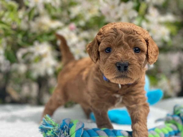 TEACUP GOLDENDOODLE PUPPIES, Precious Doodle Dogs, Teacup Doodle Dogs, Goldendoodle, Doodle Dog, Golden Doodles, Goldendoodle for sale, Goldendoodle puppies for sale, Miniature goldendoodle, goldendoodle puppies, mini goldendoodle, mini puppies, mini goldendoodle size, Mini Doodle Dogs, f1 goldendoodle, golden retriever poodle, chocolate goldendoodle, small doodles, goldendoodle temperament, goldendoodle colors, goldendoodle price, white goldendoodle, f2 goldendoodle, mini goldendoodle price, mini goldendoodle full grown, f1 mini goldendoodle, f1b goldendoodle, parti goldendoodle, goldendoodles near me, english goldendoodle, australian goldendoodle, red goldendoodle, doodle breeds, brown goldendoodle, goldendoodle cost, adult mini goldendoodle, golden noodle dog, doodle dog breeds, miniature golden doodle, miniature puppies, golden retriever poodle mix, A Star is Born, A star is born goldendoodle, a star is born dog, Bradley Cooper's Dog, Bradley Cooper Dog, Bradley Cooper's Goldendoodle, arizona goldendoodles, goldendoodle training, goldendoodle size, how big do mini goldendoodles get, goldendoodle full grown, baby goldendoodle, goldendoodle houston, golden doodles for sale, adult goldendoodle, apricot goldendoodle, goldendoodle grooming, mini golden doodles, goldendoodle shedding, f2b goldendoodle, goldendoodle hypoallergenic, goldendoodle names, english cream goldendoodle, golden retriever and poodle mix, mini goldendoodle puppies, micro goldendoodle, mini goldendoodle puppies for sale, miniature goldendoodle for sale, goldendoodle puppies for adoption, teddy bear goldendoodle, mini goldendoodle rescue, medium goldendoodle, black goldendoodle, mini goldendoodle for sale near me, goldendoodle puppies for sale near me, mini doodle, doodle puppies, mini goldendoodle for sale, goldendoodle breeders near me, miniature goldendoodle for sale near me, toy goldendoodle, petite goldendoodle, golden doodle dog, miniature goldendoodle puppies, mini goldendoodle puppies for sale near me, goldendoodles for sale near me, mini goldedoodle breeders, goldendoodle adoption, f1b mini goldendoodle, small goldendoodle, teacup goldendoodle, goldendoodle puppies near me, goldendoodle breeders, how to groom a goldendoodle, great doodle puppies, golden doodle mix, goldendoodle tampa, goldendoodle facts, white doodle dog, white goldendoodle puppy, mini goldendoodle maryland, country mini doodles, goldendoodle los angeles, toy labradoodle puppies for sale, types of goldendoodles, mini golden retriever puppies, golden goldendoodle, mini golden retriever puppies for sale, miniature australian goldendoodle, goldendoodle sacramento, goldendoodle omaha, labradoodle goldendoodle, f1 medium goldendoodle, BEST goldendoodles, pictures of mini goldendoodles, teacup goldendoodle full grown, micro mini goldendoodle full grown, toy goldendoodle price, goldendoodle chicago, retriever doodle, teacup goldendoodle puppies for sale, cute goldendoodle, mini teddy bear puppies, miniature goldendoodle full grown, f2 mini goldendoodle, goldendoodle spokane, mini goldendoodle chicago, micro mini goldendoodle, how nbig do miniature goldendoodles get, brown mini goldendoodle, mini doodle breeds, poodle doodle dog, what is a mini goldendoodle, black mini goldendoodle, mini irish doodle puppies for sale, f1b goldendoodle size, toy golden doodles, chocolate brown goldendoodle puppies for sale, petite goldendoodle full grown, goldendoodle behavior, american goldendoodle, f1b medium goldendoodle, goldendoodle puppy cost, cute goldendoodle puppies, goldendoodle indianapolis, teddy goldendoodle, mini goldendoodle weight, teddy bear golden doodles, f1b goldendoodle puppies for sale, miniature goldendoodle size, chocolate goldendoodle puppy, english cream mini goldendoodle, doodle puppies near me, red miniature goldendoodle, cream goldendoodle, goldendoodle puppy cut, mini goldendoodle hypoallergenic, dog breed goldendoodle, goldendoodle poodle mixes, goldendoodle allergies, goldendoodle info, sandy ridge goldendoodles, lakeshore goldendoodles, toy goldendoodle puppies for sale, labradoodle and goldendoodle, goldendoodle las vegas, goldendoodle phoenix, doodle breeders near me, miniature goldendoodle weight, black and white goldendoodle, sarasota goldendoodles, mini goldendoodle dallas, a goldendoodle, what is a goldendoodle, goldendoodle dallas, mini golden doodles for sale, ginger doodle puppy, how much does a mini goldendoodle cost, goldendoodle san antonio, goldendoodle photos, goldendoodle cuts, chocolate mini goldendoodle, all about goldendoodles, goldendoodle cincinnati, black doodle dog, goldendoodle weight, miniature goldendoodle breeders, goldendoodle information, miniature goldendoodle puppies for sale, doodle puppies for sale near me, black labradoodle puppies for sale, goldendoodle seattle, golden doodles near me, teacup goldendoodle for sale, golden retriever poodle puppy, goldendoodle rochester ny, goldendoodle and poodle mix, akc goldendoodle, goldendoodle kansas city, mini goldendoodle facts, goldendoodle austin, goldendoodle doodle, goldendoodle tulsa, curly goldendoodle, brown goldendoodle puppies, f1b labradoodle puppies for sale, red mini goldendoodle, goldendoodle poodle, chocolate goldendoodle for sale, tiny goldendoodle, goldendoodle puppies breeders, english goldendoodle puppies for sale, mini golden labradoodle, f1b mini teddy bear goldendoodles, red goldendoodle puppies for sale, miniature golden retriever breeders, f1 goldendoodles for sale, teacup goldendoodle puppies, toy mini goldendoodle, xs petite goldendoodle, f2 goldendoodle puppies for sale, mini goldendoodle cost, black goldendoodle for sale, english teddy bear goldendoodle, small doodle dogs, goldendoodle nashville, english goldendoodle puppies, golden retriever poodle mix for sale, red goldendoodle puppy, parti goldendoodles for sale, english cream goldendoodles for sale, doodle puppies for sale, golden retriever poodle mix puppies, goldendoodle tucson, f1b mini goldendoodle puppies for sale, mini goldendoodle breeders northeast, teddy bear goldendoodle, toy goldendoodle rescue, petite mini goldendoodle, goldendoodle stuff, mini goldendoodles near me, teddy bear goldendoodle puppies, f1 goldendoodle puppies, teddy bear goldendoodles for sale, silver goldendoodle, buy goldendoodle, mini golden doodle dog, teddy bear goldendoodles mini, micro mini goldendoodle puppies for sale, goldendoodle dogs for sale, best goldendoodle breeders, chocolate goldendoodle puppies for sale, doodle dogs for sale, toy goldendoodle puppies, mini doodle dog, toy goldendoodle breeders, doodles for sale, goldendoodle hypoallergenic dog, mini goldendoodle breeders near me, english goldendoodle breeders, f1b mini goldendoodle for sale, teacup goldendoodle price, petite goldendoodle for sale, mini english goldendoodle, mini goldendoodle info, miniature goldendoodle puppies for sale near me, black goldendoodle puppies for sale, f1 goldendoodle puppies for sale, Teacup Goldendoodles AL, Teacup Goldendoodles AK, Teacup Goldendoodles AZ, Teacup Goldendoodles AR, Teacup Goldendoodles CA, Teacup Goldendoodles CO, Teacup Goldendoodles CT, Teacup Goldendoodles DE, Teacup Goldendoodles FL, Teacup Goldendoodles GA, Teacup Goldendoodles HI, Teacup Goldendoodles ID, Teacup Goldendoodles IL, Teacup Goldendoodles IN, Teacup Goldendoodles IA, Teacup Goldendoodles KS, Teacup Goldendoodles KY, Teacup Goldendoodles LA, Teacup Goldendoodles ME, Teacup Goldendoodles MD, Teacup Goldendoodles MA, Teacup Goldendoodles MI, Teacup Goldendoodles MN, Teacup Goldendoodles MS, Teacup Goldendoodles MO, Teacup Goldendoodles MT, Teacup Goldendoodles NE, Teacup Goldendoodles NV, Teacup Goldendoodles NH, Teacup Goldendoodles NJ, Teacup Goldendoodles NM, Teacup Goldendoodles NY, Teacup Goldendoodles NC, Teacup Goldendoodles ND, Teacup Goldendoodles OH, Teacup Goldendoodles OK, Teacup Goldendoodles OR, Teacup Goldendoodles PA, Teacup Goldendoodles RI, Teacup Goldendoodles SC, Teacup Goldendoodles SD, Teacup Goldendoodles TN, Teacup Goldendoodles TX, Teacup Goldendoodles UT, Teacup Goldendoodles VT, Teacup Goldendoodles VA, Teacup Goldendoodles WA, Teacup Goldendoodles WV, Teacup Goldendoodles WI, Teacup Goldendoodles WY, Teacup Golden Doodles AL, Teacup Golden Doodles AK, Teacup Golden Doodles AZ, Teacup Golden Doodles AR, Teacup Golden Doodles CA, Teacup Golden Doodles CO, Teacup Golden Doodles CT, Teacup Golden Doodles DE, Teacup Golden Doodles FL, Teacup Golden Doodles GA, Teacup Golden Doodles HI, Teacup Golden Doodles ID, Teacup Golden Doodles IL, Teacup Golden Doodles IN, Teacup Golden Doodles IA, Teacup Golden Doodles KS, Teacup Golden Doodles KY, Teacup Golden Doodles LA, Teacup Golden Doodles ME, Teacup Golden Doodles MD, Teacup Golden Doodles MA, Teacup Golden Doodles MI, Teacup Golden Doodles MN, Teacup Golden Doodles MS, Teacup Golden Doodles MO, Teacup Golden Doodles MT, Teacup Golden Doodles NE, Teacup Golden Doodles NV, Teacup Golden Doodles NH, Teacup Golden Doodles NJ, Teacup Golden Doodles NM, Teacup Golden Doodles NY, Teacup Golden Doodles NC, Teacup Golden Doodles ND, Teacup Golden Doodles OH, Teacup Golden Doodles OK, Teacup Golden Doodles OR, Teacup Golden Doodles PA, Teacup Golden Doodles RI, Teacup Golden Doodles SC, Teacup Golden Doodles SD, Teacup Golden Doodles TN, Teacup Golden Doodles TX, Teacup Golden Doodles UT, Teacup Golden Doodles VT, Teacup Golden Doodles VA, Teacup Golden Doodles WA, Teacup Golden Doodles WV, Teacup Golden Doodles WI, Teacup Golden Doodles WY, Toy Goldendoodle Alabama, Toy Goldendoodle Alaska, Toy Goldendoodle Arizona, Toy Goldendoodle Arkansas, Toy Goldendoodle California, Toy Goldendoodle Colorado, Toy Goldendoodle Connecticut, Toy Goldendoodle Delaware, Toy Goldendoodle Florida, Toy Goldendoodle Georgia, Toy Goldendoodle Hawaii, Toy Goldendoodle Idaho, Toy Goldendoodle Illinois, Toy Goldendoodle Indiana, Toy Goldendoodle Iowa, Toy Goldendoodle Kansas, Toy Goldendoodle Kentucky, Toy Goldendoodle Louisiana, Toy Goldendoodle Maine, Toy Goldendoodle Maryland, Toy Goldendoodle Massachusetts, Toy Goldendoodle Michigan, Toy Goldendoodle Minnesota, Toy Goldendoodle Mississippi, Toy Goldendoodle Missouri, Toy Goldendoodle Montana, Toy Goldendoodle Nebraska, Toy Goldendoodle Nevada, Toy Goldendoodle New Hampshire, Toy Goldendoodle New Jersey, Toy Goldendoodle New Mexico, Toy Goldendoodle New York, Toy Goldendoodle North Carolina, Toy Goldendoodle North Dakota, Toy Goldendoodle Ohio, Toy Goldendoodle Oklahoma, Toy Goldendoodle Oregon, Toy Goldendoodle Pennsylvania, Toy Goldendoodle Rhode Island, Toy Goldendoodle South Carolina, Toy Goldendoodle South Dakota, Toy Goldendoodle Tennessee, Toy Goldendoodle Texas, Toy Goldendoodle Utah, Toy Goldendoodle Vermont, Toy Goldendoodle Virginia, Toy Goldendoodle Washington, Toy Goldendoodle West Virginia, Toy Goldendoodle Wisconsin, Toy Goldendoodle Wyoming, Teacup Goldendoodle breeders AL, Teacup Goldendoodle breeders AK, Teacup Goldendoodle breeders AZ, Teacup Goldendoodle breeders AR, Teacup Goldendoodle breeders CA, Teacup Goldendoodle breeders CO, Teacup Goldendoodle breeders CT, Teacup Goldendoodle breeders DE, Teacup Goldendoodle breeders FL, Teacup Goldendoodle breeders GA, Teacup Goldendoodle breeders HI, Teacup Goldendoodle breeders ID, Teacup Goldendoodle breeders IL, Teacup Goldendoodle breeders IN, Teacup Goldendoodle breeders IA, Teacup Goldendoodle breeders KS, Teacup Goldendoodle breeders KY, Teacup Goldendoodle breeders LA, Teacup Goldendoodle breeders ME, Teacup Goldendoodle breeders MD, Teacup Goldendoodle breeders MA, Teacup Goldendoodle breeders MI, Teacup Goldendoodle breeders MN, Teacup Goldendoodle breeders MS, Teacup Goldendoodle breeders MO, Teacup Goldendoodle breeders MT, Teacup Goldendoodle breeders NE, Teacup Goldendoodle breeders NV, Teacup Goldendoodle breeders NH, Teacup Goldendoodle breeders NJ, Teacup Goldendoodle breeders NM, Teacup Goldendoodle breeders NY, Teacup Goldendoodle breeders NC, Teacup Goldendoodle breeders ND, Teacup Goldendoodle breeders OH, Teacup Goldendoodle breeders OK, Teacup Goldendoodle breeders OR, Teacup Goldendoodle breeders PA, Teacup Goldendoodle breeders RI, Teacup Goldendoodle breeders SC, Teacup Goldendoodle breeders SD, Teacup Goldendoodle breeders TN, Teacup Goldendoodle breeders TX, Teacup Goldendoodle breeders UT, Teacup Goldendoodle breeders VT, Teacup Goldendoodle breeders VA, Teacup Goldendoodle breeders WA, Teacup Goldendoodle breeders WV, Teacup Goldendoodle breeders WI, Teacup Goldendoodle breeders WY, Teacup Golden doodle puppies for sale in AL, Teacup Golden doodle puppies for sale in AK, Teacup Golden doodle puppies for sale in AZ, Teacup Golden doodle puppies for sale in AR, Teacup Golden doodle puppies for sale in CA, Teacup Golden doodle puppies for sale in CO, Teacup Golden doodle puppies for sale in CT, Teacup Golden doodle puppies for sale in DE, Teacup Golden doodle puppies for sale in FL, Teacup Golden doodle puppies for sale in GA, Teacup Golden doodle puppies for sale in HI, Teacup Golden doodle puppies for sale in ID, Teacup Golden doodle puppies for sale in IL, Teacup Golden doodle puppies for sale in IN, Teacup Golden doodle puppies for sale in IA, Teacup Golden doodle puppies for sale in KS, Teacup Golden doodle puppies for sale in KY, Teacup Golden doodle puppies for sale in LA, Teacup Golden doodle puppies for sale in ME, Teacup Golden doodle puppies for sale in MD, Teacup Golden doodle puppies for sale in MA, Teacup Golden doodle puppies for sale in MI, Teacup Golden doodle puppies for sale in MN, Teacup Golden doodle puppies for sale in MS, Teacup Golden doodle puppies for sale in MO, Teacup Golden doodle puppies for sale in MT, Teacup Golden doodle puppies for sale in NE, Teacup Golden doodle puppies for sale in NV, Teacup Golden doodle puppies for sale in NH, Teacup Golden doodle puppies for sale in NJ, Teacup Golden doodle puppies for sale in NM, Teacup Golden doodle puppies for sale in NY, Teacup Golden doodle puppies for sale in NC, Teacup Golden doodle puppies for sale in ND, Teacup Golden doodle puppies for sale in OH, Teacup Golden doodle puppies for sale in OK, Teacup Golden doodle puppies for sale in OR, Teacup Golden doodle puppies for sale in PA, Teacup Golden doodle puppies for sale in RI, Teacup Golden doodle puppies for sale in SC, Teacup Golden doodle puppies for sale in SD, Teacup Golden doodle puppies for sale in TN, Teacup Golden doodle puppies for sale in TX, Teacup Golden doodle puppies for sale in UT, Teacup Golden doodle puppies for sale in VT, Teacup Golden doodle puppies for sale in VA, Teacup Golden doodle puppies for sale in WA, Teacup Golden doodle puppies for sale in WV, Teacup Golden doodle puppies for sale in WI, Teacup Golden doodle puppies for sale in WY, Teacup Goldendoodles for sale in AL, Teacup Goldendoodles for sale in AK, Teacup Goldendoodles for sale in AZ, Teacup Goldendoodles for sale in AR, Teacup Goldendoodles for sale in CA, Teacup Goldendoodles for sale in CO, Teacup Goldendoodles for sale in CT, Teacup Goldendoodles for sale in DE, Teacup Goldendoodles for sale in FL, Teacup Goldendoodles for sale in GA, Teacup Goldendoodles for sale in HI, Teacup Goldendoodles for sale in ID, Teacup Goldendoodles for sale in IL, Teacup Goldendoodles for sale in IN, Teacup Goldendoodles for sale in IA, Teacup Goldendoodles for sale in KS, Teacup Goldendoodles for sale in KY, Teacup Goldendoodles for sale in LA, Teacup Goldendoodles for sale in ME, Teacup Goldendoodles for sale in MD, Teacup Goldendoodles for sale in MA, Teacup Goldendoodles for sale in MI, Teacup Goldendoodles for sale in MN, Teacup Goldendoodles for sale in MS, Teacup Goldendoodles for sale in MO, Teacup Goldendoodles for sale in MT, Teacup Goldendoodles for sale in NE, Teacup Goldendoodles for sale in NV, Teacup Goldendoodles for sale in NH, Teacup Goldendoodles for sale in NJ, Teacup Goldendoodles for sale in NM, Teacup Goldendoodles for sale in NY, Teacup Goldendoodles for sale in NC, Teacup Goldendoodles for sale in ND, Teacup Goldendoodles for sale in OH, Teacup Goldendoodles for sale in OK, Teacup Goldendoodles for sale in OR, Teacup Goldendoodles for sale in PA, Teacup Goldendoodles for sale in RI, Teacup Goldendoodles for sale in SC, Teacup Goldendoodles for sale in SD, Teacup Goldendoodles for sale in TN, Teacup Goldendoodles for sale in TX, Teacup Goldendoodles for sale in UT, Teacup Goldendoodles for sale in VT, Teacup Goldendoodles for sale in VA, Teacup Goldendoodles for sale in WA, Teacup Goldendoodles for sale in WV, Teacup Goldendoodles for sale in WI, Teacup Goldendoodles for sale in WY, Teacup Goldendoodle Alabama, Teacup Goldendoodle Alaska, Teacup Goldendoodle Arizona, Teacup Goldendoodle Arkansas, Teacup Goldendoodle California, Teacup Goldendoodle Colorado, Teacup Goldendoodle Connecticut, Teacup Goldendoodle Delaware, Teacup Goldendoodle Florida, Teacup Goldendoodle Georgia, Teacup Goldendoodle Hawaii, Teacup Goldendoodle Idaho, Teacup Goldendoodle Illinois, Teacup Goldendoodle Indiana, Teacup Goldendoodle Iowa, Teacup Goldendoodle Kansas, Teacup Goldendoodle Kentucky, Teacup Goldendoodle Louisiana, Teacup Goldendoodle Maine, Teacup Goldendoodle Maryland, Teacup Goldendoodle Massachusetts, Teacup Goldendoodle Michigan, Teacup Goldendoodle Minnesota, Teacup Goldendoodle Mississippi, Teacup Goldendoodle Missouri, Teacup Goldendoodle Montana, Teacup Goldendoodle Nebraska, Teacup Goldendoodle Nevada, Teacup Goldendoodle New Hampshire, Teacup Goldendoodle New Jersey, Teacup Goldendoodle New Mexico, Teacup Goldendoodle New York, Teacup Goldendoodle North Carolina, Teacup Goldendoodle North Dakota, Teacup Goldendoodle Ohio, Teacup Goldendoodle Oklahoma, Teacup Goldendoodle Oregon, Teacup Goldendoodle Pennsylvania, Teacup Goldendoodle Rhode Island, Teacup Goldendoodle South Carolina, Teacup Goldendoodle South Dakota, Teacup Goldendoodle Tennessee, Teacup Goldendoodle Texas, Teacup Goldendoodle Utah, Teacup Goldendoodle Vermont, Teacup Goldendoodle Virginia, Teacup Goldendoodle Washington, Teacup Goldendoodle West Virginia, Teacup Goldendoodle Wisconsin, Teacup Goldendoodle Wyoming, Goldendoodle Breeders AL, Goldendoodle Breeders AK, Goldendoodle Breeders AZ, Goldendoodle Breeders AR, Goldendoodle Breeders CA, Goldendoodle Breeders CO, Goldendoodle Breeders CT, Goldendoodle Breeders DE, Goldendoodle Breeders FL, Goldendoodle Breeders GA, Goldendoodle Breeders HI, Goldendoodle Breeders ID, Goldendoodle Breeders IL, Goldendoodle Breeders IN, Goldendoodle Breeders IA, Goldendoodle Breeders KS, Goldendoodle Breeders KY, Goldendoodle Breeders LA, Goldendoodle Breeders ME, Goldendoodle Breeders MD, Goldendoodle Breeders MA, Goldendoodle Breeders MI, Goldendoodle Breeders MN, Goldendoodle Breeders MS, Goldendoodle Breeders MO, Goldendoodle Breeders MT, Goldendoodle Breeders NE, Goldendoodle Breeders NV, Goldendoodle Breeders NH, Goldendoodle Breeders NJ, Goldendoodle Breeders NM, Goldendoodle Breeders NY, Goldendoodle Breeders NC, Goldendoodle Breeders ND, Goldendoodle Breeders OH, Goldendoodle Breeders OK, Goldendoodle Breeders OR, Goldendoodle Breeders PA, Goldendoodle Breeders RI, Goldendoodle Breeders SC, Goldendoodle Breeders SD, Goldendoodle Breeders TN, Goldendoodle Breeders TX, Goldendoodle Breeders UT, Goldendoodle Breeders VT, Goldendoodle Breeders VA, Goldendoodle Breeders WA, Goldendoodle Breeders WV, Goldendoodle Breeders WI, Goldendoodle Breeders WY, Teacup Golden doodles for sale in AL, Teacup Golden doodles for sale in AK, Teacup Golden doodles for sale in AZ, Teacup Golden doodles for sale in AR, Teacup Golden doodles for sale in CA, Teacup Golden doodles for sale in CO, Teacup Golden doodles for sale in CT, Teacup Golden doodles for sale in DE, Teacup Golden doodles for sale in FL, Teacup Golden doodles for sale in GA, Teacup Golden doodles for sale in HI, Teacup Golden doodles for sale in ID, Teacup Golden doodles for sale in IL, Teacup Golden doodles for sale in IN, Teacup Golden doodles for sale in IA, Teacup Golden doodles for sale in KS, Teacup Golden doodles for sale in KY, Teacup Golden doodles for sale in LA, Teacup Golden doodles for sale in ME, Teacup Golden doodles for sale in MD, Teacup Golden doodles for sale in MA, Teacup Golden doodles for sale in MI, Teacup Golden doodles for sale in MN, Teacup Golden doodles for sale in MS, Teacup Golden doodles for sale in MO, Teacup Golden doodles for sale in MT, Teacup Golden doodles for sale in NE, Teacup Golden doodles for sale in NV, Teacup Golden doodles for sale in NH, Teacup Golden doodles for sale in NJ, Teacup Golden doodles for sale in NM, Teacup Golden doodles for sale in NY, Teacup Golden doodles for sale in NC, Teacup Golden doodles for sale in ND, Teacup Golden doodles for sale in OH, Teacup Golden doodles for sale in OK, Teacup Golden doodles for sale in OR, Teacup Golden doodles for sale in PA, Teacup Golden doodles for sale in RI, Teacup Golden doodles for sale in SC, Teacup Golden doodles for sale in SD, Teacup Golden doodles for sale in TN, Teacup Golden doodles for sale in TX, Teacup Golden doodles for sale in UT, Teacup Golden doodles for sale in VT, Teacup Golden doodles for sale in VA, Teacup Golden doodles for sale in WA, Teacup Golden doodles for sale in WV, Teacup Golden doodles for sale in WI, Teacup Golden doodles for sale in WY,