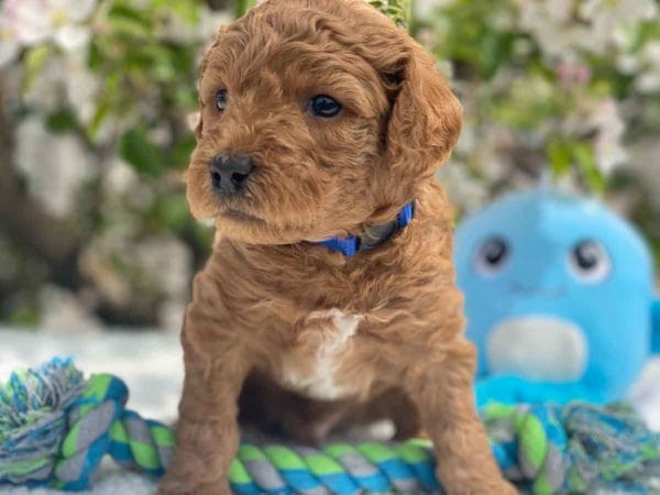 TEACUP GOLDENDOODLE PUPPIES, Precious Doodle Dogs, Teacup Doodle Dogs, Goldendoodle, Doodle Dog, Golden Doodles, Goldendoodle for sale, Goldendoodle puppies for sale, Miniature goldendoodle, goldendoodle puppies, mini goldendoodle, mini puppies, mini goldendoodle size, Mini Doodle Dogs, f1 goldendoodle, golden retriever poodle, chocolate goldendoodle, small doodles, goldendoodle temperament, goldendoodle colors, goldendoodle price, white goldendoodle, f2 goldendoodle, mini goldendoodle price, mini goldendoodle full grown, f1 mini goldendoodle, f1b goldendoodle, parti goldendoodle, goldendoodles near me, english goldendoodle, australian goldendoodle, red goldendoodle, doodle breeds, brown goldendoodle, goldendoodle cost, adult mini goldendoodle, golden noodle dog, doodle dog breeds, miniature golden doodle, miniature puppies, golden retriever poodle mix, A Star is Born, A star is born goldendoodle, a star is born dog, Bradley Cooper's Dog, Bradley Cooper Dog, Bradley Cooper's Goldendoodle, arizona goldendoodles, goldendoodle training, goldendoodle size, how big do mini goldendoodles get, goldendoodle full grown, baby goldendoodle, goldendoodle houston, golden doodles for sale, adult goldendoodle, apricot goldendoodle, goldendoodle grooming, mini golden doodles, goldendoodle shedding, f2b goldendoodle, goldendoodle hypoallergenic, goldendoodle names, english cream goldendoodle, golden retriever and poodle mix, mini goldendoodle puppies, micro goldendoodle, mini goldendoodle puppies for sale, miniature goldendoodle for sale, goldendoodle puppies for adoption, teddy bear goldendoodle, mini goldendoodle rescue, medium goldendoodle, black goldendoodle, mini goldendoodle for sale near me, goldendoodle puppies for sale near me, mini doodle, doodle puppies, mini goldendoodle for sale, goldendoodle breeders near me, miniature goldendoodle for sale near me, toy goldendoodle, petite goldendoodle, golden doodle dog, miniature goldendoodle puppies, mini goldendoodle puppies for sale near me, goldendoodles for sale near me, mini goldedoodle breeders, goldendoodle adoption, f1b mini goldendoodle, small goldendoodle, teacup goldendoodle, goldendoodle puppies near me, goldendoodle breeders, how to groom a goldendoodle, great doodle puppies, golden doodle mix, goldendoodle tampa, goldendoodle facts, white doodle dog, white goldendoodle puppy, mini goldendoodle maryland, country mini doodles, goldendoodle los angeles, toy labradoodle puppies for sale, types of goldendoodles, mini golden retriever puppies, golden goldendoodle, mini golden retriever puppies for sale, miniature australian goldendoodle, goldendoodle sacramento, goldendoodle omaha, labradoodle goldendoodle, f1 medium goldendoodle, BEST goldendoodles, pictures of mini goldendoodles, teacup goldendoodle full grown, micro mini goldendoodle full grown, toy goldendoodle price, goldendoodle chicago, retriever doodle, teacup goldendoodle puppies for sale, cute goldendoodle, mini teddy bear puppies, miniature goldendoodle full grown, f2 mini goldendoodle, goldendoodle spokane, mini goldendoodle chicago, micro mini goldendoodle, how nbig do miniature goldendoodles get, brown mini goldendoodle, mini doodle breeds, poodle doodle dog, what is a mini goldendoodle, black mini goldendoodle, mini irish doodle puppies for sale, f1b goldendoodle size, toy golden doodles, chocolate brown goldendoodle puppies for sale, petite goldendoodle full grown, goldendoodle behavior, american goldendoodle, f1b medium goldendoodle, goldendoodle puppy cost, cute goldendoodle puppies, goldendoodle indianapolis, teddy goldendoodle, mini goldendoodle weight, teddy bear golden doodles, f1b goldendoodle puppies for sale, miniature goldendoodle size, chocolate goldendoodle puppy, english cream mini goldendoodle, doodle puppies near me, red miniature goldendoodle, cream goldendoodle, goldendoodle puppy cut, mini goldendoodle hypoallergenic, dog breed goldendoodle, goldendoodle poodle mixes, goldendoodle allergies, goldendoodle info, sandy ridge goldendoodles, lakeshore goldendoodles, toy goldendoodle puppies for sale, labradoodle and goldendoodle, goldendoodle las vegas, goldendoodle phoenix, doodle breeders near me, miniature goldendoodle weight, black and white goldendoodle, sarasota goldendoodles, mini goldendoodle dallas, a goldendoodle, what is a goldendoodle, goldendoodle dallas, mini golden doodles for sale, ginger doodle puppy, how much does a mini goldendoodle cost, goldendoodle san antonio, goldendoodle photos, goldendoodle cuts, chocolate mini goldendoodle, all about goldendoodles, goldendoodle cincinnati, black doodle dog, goldendoodle weight, miniature goldendoodle breeders, goldendoodle information, miniature goldendoodle puppies for sale, doodle puppies for sale near me, black labradoodle puppies for sale, goldendoodle seattle, golden doodles near me, teacup goldendoodle for sale, golden retriever poodle puppy, goldendoodle rochester ny, goldendoodle and poodle mix, akc goldendoodle, goldendoodle kansas city, mini goldendoodle facts, goldendoodle austin, goldendoodle doodle, goldendoodle tulsa, curly goldendoodle, brown goldendoodle puppies, f1b labradoodle puppies for sale, red mini goldendoodle, goldendoodle poodle, chocolate goldendoodle for sale, tiny goldendoodle, goldendoodle puppies breeders, english goldendoodle puppies for sale, mini golden labradoodle, f1b mini teddy bear goldendoodles, red goldendoodle puppies for sale, miniature golden retriever breeders, f1 goldendoodles for sale, teacup goldendoodle puppies, toy mini goldendoodle, xs petite goldendoodle, f2 goldendoodle puppies for sale, mini goldendoodle cost, black goldendoodle for sale, english teddy bear goldendoodle, small doodle dogs, goldendoodle nashville, english goldendoodle puppies, golden retriever poodle mix for sale, red goldendoodle puppy, parti goldendoodles for sale, english cream goldendoodles for sale, doodle puppies for sale, golden retriever poodle mix puppies, goldendoodle tucson, f1b mini goldendoodle puppies for sale, mini goldendoodle breeders northeast, teddy bear goldendoodle, toy goldendoodle rescue, petite mini goldendoodle, goldendoodle stuff, mini goldendoodles near me, teddy bear goldendoodle puppies, f1 goldendoodle puppies, teddy bear goldendoodles for sale, silver goldendoodle, buy goldendoodle, mini golden doodle dog, teddy bear goldendoodles mini, micro mini goldendoodle puppies for sale, goldendoodle dogs for sale, best goldendoodle breeders, chocolate goldendoodle puppies for sale, doodle dogs for sale, toy goldendoodle puppies, mini doodle dog, toy goldendoodle breeders, doodles for sale, goldendoodle hypoallergenic dog, mini goldendoodle breeders near me, english goldendoodle breeders, f1b mini goldendoodle for sale, teacup goldendoodle price, petite goldendoodle for sale, mini english goldendoodle, mini goldendoodle info, miniature goldendoodle puppies for sale near me, black goldendoodle puppies for sale, f1 goldendoodle puppies for sale, Teacup Goldendoodles AL, Teacup Goldendoodles AK, Teacup Goldendoodles AZ, Teacup Goldendoodles AR, Teacup Goldendoodles CA, Teacup Goldendoodles CO, Teacup Goldendoodles CT, Teacup Goldendoodles DE, Teacup Goldendoodles FL, Teacup Goldendoodles GA, Teacup Goldendoodles HI, Teacup Goldendoodles ID, Teacup Goldendoodles IL, Teacup Goldendoodles IN, Teacup Goldendoodles IA, Teacup Goldendoodles KS, Teacup Goldendoodles KY, Teacup Goldendoodles LA, Teacup Goldendoodles ME, Teacup Goldendoodles MD, Teacup Goldendoodles MA, Teacup Goldendoodles MI, Teacup Goldendoodles MN, Teacup Goldendoodles MS, Teacup Goldendoodles MO, Teacup Goldendoodles MT, Teacup Goldendoodles NE, Teacup Goldendoodles NV, Teacup Goldendoodles NH, Teacup Goldendoodles NJ, Teacup Goldendoodles NM, Teacup Goldendoodles NY, Teacup Goldendoodles NC, Teacup Goldendoodles ND, Teacup Goldendoodles OH, Teacup Goldendoodles OK, Teacup Goldendoodles OR, Teacup Goldendoodles PA, Teacup Goldendoodles RI, Teacup Goldendoodles SC, Teacup Goldendoodles SD, Teacup Goldendoodles TN, Teacup Goldendoodles TX, Teacup Goldendoodles UT, Teacup Goldendoodles VT, Teacup Goldendoodles VA, Teacup Goldendoodles WA, Teacup Goldendoodles WV, Teacup Goldendoodles WI, Teacup Goldendoodles WY, Teacup Golden Doodles AL, Teacup Golden Doodles AK, Teacup Golden Doodles AZ, Teacup Golden Doodles AR, Teacup Golden Doodles CA, Teacup Golden Doodles CO, Teacup Golden Doodles CT, Teacup Golden Doodles DE, Teacup Golden Doodles FL, Teacup Golden Doodles GA, Teacup Golden Doodles HI, Teacup Golden Doodles ID, Teacup Golden Doodles IL, Teacup Golden Doodles IN, Teacup Golden Doodles IA, Teacup Golden Doodles KS, Teacup Golden Doodles KY, Teacup Golden Doodles LA, Teacup Golden Doodles ME, Teacup Golden Doodles MD, Teacup Golden Doodles MA, Teacup Golden Doodles MI, Teacup Golden Doodles MN, Teacup Golden Doodles MS, Teacup Golden Doodles MO, Teacup Golden Doodles MT, Teacup Golden Doodles NE, Teacup Golden Doodles NV, Teacup Golden Doodles NH, Teacup Golden Doodles NJ, Teacup Golden Doodles NM, Teacup Golden Doodles NY, Teacup Golden Doodles NC, Teacup Golden Doodles ND, Teacup Golden Doodles OH, Teacup Golden Doodles OK, Teacup Golden Doodles OR, Teacup Golden Doodles PA, Teacup Golden Doodles RI, Teacup Golden Doodles SC, Teacup Golden Doodles SD, Teacup Golden Doodles TN, Teacup Golden Doodles TX, Teacup Golden Doodles UT, Teacup Golden Doodles VT, Teacup Golden Doodles VA, Teacup Golden Doodles WA, Teacup Golden Doodles WV, Teacup Golden Doodles WI, Teacup Golden Doodles WY, Toy Goldendoodle Alabama, Toy Goldendoodle Alaska, Toy Goldendoodle Arizona, Toy Goldendoodle Arkansas, Toy Goldendoodle California, Toy Goldendoodle Colorado, Toy Goldendoodle Connecticut, Toy Goldendoodle Delaware, Toy Goldendoodle Florida, Toy Goldendoodle Georgia, Toy Goldendoodle Hawaii, Toy Goldendoodle Idaho, Toy Goldendoodle Illinois, Toy Goldendoodle Indiana, Toy Goldendoodle Iowa, Toy Goldendoodle Kansas, Toy Goldendoodle Kentucky, Toy Goldendoodle Louisiana, Toy Goldendoodle Maine, Toy Goldendoodle Maryland, Toy Goldendoodle Massachusetts, Toy Goldendoodle Michigan, Toy Goldendoodle Minnesota, Toy Goldendoodle Mississippi, Toy Goldendoodle Missouri, Toy Goldendoodle Montana, Toy Goldendoodle Nebraska, Toy Goldendoodle Nevada, Toy Goldendoodle New Hampshire, Toy Goldendoodle New Jersey, Toy Goldendoodle New Mexico, Toy Goldendoodle New York, Toy Goldendoodle North Carolina, Toy Goldendoodle North Dakota, Toy Goldendoodle Ohio, Toy Goldendoodle Oklahoma, Toy Goldendoodle Oregon, Toy Goldendoodle Pennsylvania, Toy Goldendoodle Rhode Island, Toy Goldendoodle South Carolina, Toy Goldendoodle South Dakota, Toy Goldendoodle Tennessee, Toy Goldendoodle Texas, Toy Goldendoodle Utah, Toy Goldendoodle Vermont, Toy Goldendoodle Virginia, Toy Goldendoodle Washington, Toy Goldendoodle West Virginia, Toy Goldendoodle Wisconsin, Toy Goldendoodle Wyoming, Teacup Goldendoodle breeders AL, Teacup Goldendoodle breeders AK, Teacup Goldendoodle breeders AZ, Teacup Goldendoodle breeders AR, Teacup Goldendoodle breeders CA, Teacup Goldendoodle breeders CO, Teacup Goldendoodle breeders CT, Teacup Goldendoodle breeders DE, Teacup Goldendoodle breeders FL, Teacup Goldendoodle breeders GA, Teacup Goldendoodle breeders HI, Teacup Goldendoodle breeders ID, Teacup Goldendoodle breeders IL, Teacup Goldendoodle breeders IN, Teacup Goldendoodle breeders IA, Teacup Goldendoodle breeders KS, Teacup Goldendoodle breeders KY, Teacup Goldendoodle breeders LA, Teacup Goldendoodle breeders ME, Teacup Goldendoodle breeders MD, Teacup Goldendoodle breeders MA, Teacup Goldendoodle breeders MI, Teacup Goldendoodle breeders MN, Teacup Goldendoodle breeders MS, Teacup Goldendoodle breeders MO, Teacup Goldendoodle breeders MT, Teacup Goldendoodle breeders NE, Teacup Goldendoodle breeders NV, Teacup Goldendoodle breeders NH, Teacup Goldendoodle breeders NJ, Teacup Goldendoodle breeders NM, Teacup Goldendoodle breeders NY, Teacup Goldendoodle breeders NC, Teacup Goldendoodle breeders ND, Teacup Goldendoodle breeders OH, Teacup Goldendoodle breeders OK, Teacup Goldendoodle breeders OR, Teacup Goldendoodle breeders PA, Teacup Goldendoodle breeders RI, Teacup Goldendoodle breeders SC, Teacup Goldendoodle breeders SD, Teacup Goldendoodle breeders TN, Teacup Goldendoodle breeders TX, Teacup Goldendoodle breeders UT, Teacup Goldendoodle breeders VT, Teacup Goldendoodle breeders VA, Teacup Goldendoodle breeders WA, Teacup Goldendoodle breeders WV, Teacup Goldendoodle breeders WI, Teacup Goldendoodle breeders WY, Teacup Golden doodle puppies for sale in AL, Teacup Golden doodle puppies for sale in AK, Teacup Golden doodle puppies for sale in AZ, Teacup Golden doodle puppies for sale in AR, Teacup Golden doodle puppies for sale in CA, Teacup Golden doodle puppies for sale in CO, Teacup Golden doodle puppies for sale in CT, Teacup Golden doodle puppies for sale in DE, Teacup Golden doodle puppies for sale in FL, Teacup Golden doodle puppies for sale in GA, Teacup Golden doodle puppies for sale in HI, Teacup Golden doodle puppies for sale in ID, Teacup Golden doodle puppies for sale in IL, Teacup Golden doodle puppies for sale in IN, Teacup Golden doodle puppies for sale in IA, Teacup Golden doodle puppies for sale in KS, Teacup Golden doodle puppies for sale in KY, Teacup Golden doodle puppies for sale in LA, Teacup Golden doodle puppies for sale in ME, Teacup Golden doodle puppies for sale in MD, Teacup Golden doodle puppies for sale in MA, Teacup Golden doodle puppies for sale in MI, Teacup Golden doodle puppies for sale in MN, Teacup Golden doodle puppies for sale in MS, Teacup Golden doodle puppies for sale in MO, Teacup Golden doodle puppies for sale in MT, Teacup Golden doodle puppies for sale in NE, Teacup Golden doodle puppies for sale in NV, Teacup Golden doodle puppies for sale in NH, Teacup Golden doodle puppies for sale in NJ, Teacup Golden doodle puppies for sale in NM, Teacup Golden doodle puppies for sale in NY, Teacup Golden doodle puppies for sale in NC, Teacup Golden doodle puppies for sale in ND, Teacup Golden doodle puppies for sale in OH, Teacup Golden doodle puppies for sale in OK, Teacup Golden doodle puppies for sale in OR, Teacup Golden doodle puppies for sale in PA, Teacup Golden doodle puppies for sale in RI, Teacup Golden doodle puppies for sale in SC, Teacup Golden doodle puppies for sale in SD, Teacup Golden doodle puppies for sale in TN, Teacup Golden doodle puppies for sale in TX, Teacup Golden doodle puppies for sale in UT, Teacup Golden doodle puppies for sale in VT, Teacup Golden doodle puppies for sale in VA, Teacup Golden doodle puppies for sale in WA, Teacup Golden doodle puppies for sale in WV, Teacup Golden doodle puppies for sale in WI, Teacup Golden doodle puppies for sale in WY, Teacup Goldendoodles for sale in AL, Teacup Goldendoodles for sale in AK, Teacup Goldendoodles for sale in AZ, Teacup Goldendoodles for sale in AR, Teacup Goldendoodles for sale in CA, Teacup Goldendoodles for sale in CO, Teacup Goldendoodles for sale in CT, Teacup Goldendoodles for sale in DE, Teacup Goldendoodles for sale in FL, Teacup Goldendoodles for sale in GA, Teacup Goldendoodles for sale in HI, Teacup Goldendoodles for sale in ID, Teacup Goldendoodles for sale in IL, Teacup Goldendoodles for sale in IN, Teacup Goldendoodles for sale in IA, Teacup Goldendoodles for sale in KS, Teacup Goldendoodles for sale in KY, Teacup Goldendoodles for sale in LA, Teacup Goldendoodles for sale in ME, Teacup Goldendoodles for sale in MD, Teacup Goldendoodles for sale in MA, Teacup Goldendoodles for sale in MI, Teacup Goldendoodles for sale in MN, Teacup Goldendoodles for sale in MS, Teacup Goldendoodles for sale in MO, Teacup Goldendoodles for sale in MT, Teacup Goldendoodles for sale in NE, Teacup Goldendoodles for sale in NV, Teacup Goldendoodles for sale in NH, Teacup Goldendoodles for sale in NJ, Teacup Goldendoodles for sale in NM, Teacup Goldendoodles for sale in NY, Teacup Goldendoodles for sale in NC, Teacup Goldendoodles for sale in ND, Teacup Goldendoodles for sale in OH, Teacup Goldendoodles for sale in OK, Teacup Goldendoodles for sale in OR, Teacup Goldendoodles for sale in PA, Teacup Goldendoodles for sale in RI, Teacup Goldendoodles for sale in SC, Teacup Goldendoodles for sale in SD, Teacup Goldendoodles for sale in TN, Teacup Goldendoodles for sale in TX, Teacup Goldendoodles for sale in UT, Teacup Goldendoodles for sale in VT, Teacup Goldendoodles for sale in VA, Teacup Goldendoodles for sale in WA, Teacup Goldendoodles for sale in WV, Teacup Goldendoodles for sale in WI, Teacup Goldendoodles for sale in WY, Teacup Goldendoodle Alabama, Teacup Goldendoodle Alaska, Teacup Goldendoodle Arizona, Teacup Goldendoodle Arkansas, Teacup Goldendoodle California, Teacup Goldendoodle Colorado, Teacup Goldendoodle Connecticut, Teacup Goldendoodle Delaware, Teacup Goldendoodle Florida, Teacup Goldendoodle Georgia, Teacup Goldendoodle Hawaii, Teacup Goldendoodle Idaho, Teacup Goldendoodle Illinois, Teacup Goldendoodle Indiana, Teacup Goldendoodle Iowa, Teacup Goldendoodle Kansas, Teacup Goldendoodle Kentucky, Teacup Goldendoodle Louisiana, Teacup Goldendoodle Maine, Teacup Goldendoodle Maryland, Teacup Goldendoodle Massachusetts, Teacup Goldendoodle Michigan, Teacup Goldendoodle Minnesota, Teacup Goldendoodle Mississippi, Teacup Goldendoodle Missouri, Teacup Goldendoodle Montana, Teacup Goldendoodle Nebraska, Teacup Goldendoodle Nevada, Teacup Goldendoodle New Hampshire, Teacup Goldendoodle New Jersey, Teacup Goldendoodle New Mexico, Teacup Goldendoodle New York, Teacup Goldendoodle North Carolina, Teacup Goldendoodle North Dakota, Teacup Goldendoodle Ohio, Teacup Goldendoodle Oklahoma, Teacup Goldendoodle Oregon, Teacup Goldendoodle Pennsylvania, Teacup Goldendoodle Rhode Island, Teacup Goldendoodle South Carolina, Teacup Goldendoodle South Dakota, Teacup Goldendoodle Tennessee, Teacup Goldendoodle Texas, Teacup Goldendoodle Utah, Teacup Goldendoodle Vermont, Teacup Goldendoodle Virginia, Teacup Goldendoodle Washington, Teacup Goldendoodle West Virginia, Teacup Goldendoodle Wisconsin, Teacup Goldendoodle Wyoming, Goldendoodle Breeders AL, Goldendoodle Breeders AK, Goldendoodle Breeders AZ, Goldendoodle Breeders AR, Goldendoodle Breeders CA, Goldendoodle Breeders CO, Goldendoodle Breeders CT, Goldendoodle Breeders DE, Goldendoodle Breeders FL, Goldendoodle Breeders GA, Goldendoodle Breeders HI, Goldendoodle Breeders ID, Goldendoodle Breeders IL, Goldendoodle Breeders IN, Goldendoodle Breeders IA, Goldendoodle Breeders KS, Goldendoodle Breeders KY, Goldendoodle Breeders LA, Goldendoodle Breeders ME, Goldendoodle Breeders MD, Goldendoodle Breeders MA, Goldendoodle Breeders MI, Goldendoodle Breeders MN, Goldendoodle Breeders MS, Goldendoodle Breeders MO, Goldendoodle Breeders MT, Goldendoodle Breeders NE, Goldendoodle Breeders NV, Goldendoodle Breeders NH, Goldendoodle Breeders NJ, Goldendoodle Breeders NM, Goldendoodle Breeders NY, Goldendoodle Breeders NC, Goldendoodle Breeders ND, Goldendoodle Breeders OH, Goldendoodle Breeders OK, Goldendoodle Breeders OR, Goldendoodle Breeders PA, Goldendoodle Breeders RI, Goldendoodle Breeders SC, Goldendoodle Breeders SD, Goldendoodle Breeders TN, Goldendoodle Breeders TX, Goldendoodle Breeders UT, Goldendoodle Breeders VT, Goldendoodle Breeders VA, Goldendoodle Breeders WA, Goldendoodle Breeders WV, Goldendoodle Breeders WI, Goldendoodle Breeders WY, Teacup Golden doodles for sale in AL, Teacup Golden doodles for sale in AK, Teacup Golden doodles for sale in AZ, Teacup Golden doodles for sale in AR, Teacup Golden doodles for sale in CA, Teacup Golden doodles for sale in CO, Teacup Golden doodles for sale in CT, Teacup Golden doodles for sale in DE, Teacup Golden doodles for sale in FL, Teacup Golden doodles for sale in GA, Teacup Golden doodles for sale in HI, Teacup Golden doodles for sale in ID, Teacup Golden doodles for sale in IL, Teacup Golden doodles for sale in IN, Teacup Golden doodles for sale in IA, Teacup Golden doodles for sale in KS, Teacup Golden doodles for sale in KY, Teacup Golden doodles for sale in LA, Teacup Golden doodles for sale in ME, Teacup Golden doodles for sale in MD, Teacup Golden doodles for sale in MA, Teacup Golden doodles for sale in MI, Teacup Golden doodles for sale in MN, Teacup Golden doodles for sale in MS, Teacup Golden doodles for sale in MO, Teacup Golden doodles for sale in MT, Teacup Golden doodles for sale in NE, Teacup Golden doodles for sale in NV, Teacup Golden doodles for sale in NH, Teacup Golden doodles for sale in NJ, Teacup Golden doodles for sale in NM, Teacup Golden doodles for sale in NY, Teacup Golden doodles for sale in NC, Teacup Golden doodles for sale in ND, Teacup Golden doodles for sale in OH, Teacup Golden doodles for sale in OK, Teacup Golden doodles for sale in OR, Teacup Golden doodles for sale in PA, Teacup Golden doodles for sale in RI, Teacup Golden doodles for sale in SC, Teacup Golden doodles for sale in SD, Teacup Golden doodles for sale in TN, Teacup Golden doodles for sale in TX, Teacup Golden doodles for sale in UT, Teacup Golden doodles for sale in VT, Teacup Golden doodles for sale in VA, Teacup Golden doodles for sale in WA, Teacup Golden doodles for sale in WV, Teacup Golden doodles for sale in WI, Teacup Golden doodles for sale in WY,