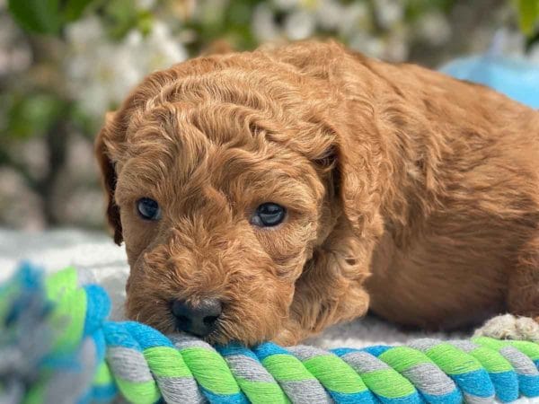 TEACUP GOLDENDOODLE PUPPIES, Precious Doodle Dogs, Teacup Doodle Dogs, Goldendoodle, Doodle Dog, Golden Doodles, Goldendoodle for sale, Goldendoodle puppies for sale, Miniature goldendoodle, goldendoodle puppies, mini goldendoodle, mini puppies, mini goldendoodle size, Mini Doodle Dogs, f1 goldendoodle, golden retriever poodle, chocolate goldendoodle, small doodles, goldendoodle temperament, goldendoodle colors, goldendoodle price, white goldendoodle, f2 goldendoodle, mini goldendoodle price, mini goldendoodle full grown, f1 mini goldendoodle, f1b goldendoodle, parti goldendoodle, goldendoodles near me, english goldendoodle, australian goldendoodle, red goldendoodle, doodle breeds, brown goldendoodle, goldendoodle cost, adult mini goldendoodle, golden noodle dog, doodle dog breeds, miniature golden doodle, miniature puppies, golden retriever poodle mix, A Star is Born, A star is born goldendoodle, a star is born dog, Bradley Cooper's Dog, Bradley Cooper Dog, Bradley Cooper's Goldendoodle, arizona goldendoodles, goldendoodle training, goldendoodle size, how big do mini goldendoodles get, goldendoodle full grown, baby goldendoodle, goldendoodle houston, golden doodles for sale, adult goldendoodle, apricot goldendoodle, goldendoodle grooming, mini golden doodles, goldendoodle shedding, f2b goldendoodle, goldendoodle hypoallergenic, goldendoodle names, english cream goldendoodle, golden retriever and poodle mix, mini goldendoodle puppies, micro goldendoodle, mini goldendoodle puppies for sale, miniature goldendoodle for sale, goldendoodle puppies for adoption, teddy bear goldendoodle, mini goldendoodle rescue, medium goldendoodle, black goldendoodle, mini goldendoodle for sale near me, goldendoodle puppies for sale near me, mini doodle, doodle puppies, mini goldendoodle for sale, goldendoodle breeders near me, miniature goldendoodle for sale near me, toy goldendoodle, petite goldendoodle, golden doodle dog, miniature goldendoodle puppies, mini goldendoodle puppies for sale near me, goldendoodles for sale near me, mini goldedoodle breeders, goldendoodle adoption, f1b mini goldendoodle, small goldendoodle, teacup goldendoodle, goldendoodle puppies near me, goldendoodle breeders, how to groom a goldendoodle, great doodle puppies, golden doodle mix, goldendoodle tampa, goldendoodle facts, white doodle dog, white goldendoodle puppy, mini goldendoodle maryland, country mini doodles, goldendoodle los angeles, toy labradoodle puppies for sale, types of goldendoodles, mini golden retriever puppies, golden goldendoodle, mini golden retriever puppies for sale, miniature australian goldendoodle, goldendoodle sacramento, goldendoodle omaha, labradoodle goldendoodle, f1 medium goldendoodle, BEST goldendoodles, pictures of mini goldendoodles, teacup goldendoodle full grown, micro mini goldendoodle full grown, toy goldendoodle price, goldendoodle chicago, retriever doodle, teacup goldendoodle puppies for sale, cute goldendoodle, mini teddy bear puppies, miniature goldendoodle full grown, f2 mini goldendoodle, goldendoodle spokane, mini goldendoodle chicago, micro mini goldendoodle, how nbig do miniature goldendoodles get, brown mini goldendoodle, mini doodle breeds, poodle doodle dog, what is a mini goldendoodle, black mini goldendoodle, mini irish doodle puppies for sale, f1b goldendoodle size, toy golden doodles, chocolate brown goldendoodle puppies for sale, petite goldendoodle full grown, goldendoodle behavior, american goldendoodle, f1b medium goldendoodle, goldendoodle puppy cost, cute goldendoodle puppies, goldendoodle indianapolis, teddy goldendoodle, mini goldendoodle weight, teddy bear golden doodles, f1b goldendoodle puppies for sale, miniature goldendoodle size, chocolate goldendoodle puppy, english cream mini goldendoodle, doodle puppies near me, red miniature goldendoodle, cream goldendoodle, goldendoodle puppy cut, mini goldendoodle hypoallergenic, dog breed goldendoodle, goldendoodle poodle mixes, goldendoodle allergies, goldendoodle info, sandy ridge goldendoodles, lakeshore goldendoodles, toy goldendoodle puppies for sale, labradoodle and goldendoodle, goldendoodle las vegas, goldendoodle phoenix, doodle breeders near me, miniature goldendoodle weight, black and white goldendoodle, sarasota goldendoodles, mini goldendoodle dallas, a goldendoodle, what is a goldendoodle, goldendoodle dallas, mini golden doodles for sale, ginger doodle puppy, how much does a mini goldendoodle cost, goldendoodle san antonio, goldendoodle photos, goldendoodle cuts, chocolate mini goldendoodle, all about goldendoodles, goldendoodle cincinnati, black doodle dog, goldendoodle weight, miniature goldendoodle breeders, goldendoodle information, miniature goldendoodle puppies for sale, doodle puppies for sale near me, black labradoodle puppies for sale, goldendoodle seattle, golden doodles near me, teacup goldendoodle for sale, golden retriever poodle puppy, goldendoodle rochester ny, goldendoodle and poodle mix, akc goldendoodle, goldendoodle kansas city, mini goldendoodle facts, goldendoodle austin, goldendoodle doodle, goldendoodle tulsa, curly goldendoodle, brown goldendoodle puppies, f1b labradoodle puppies for sale, red mini goldendoodle, goldendoodle poodle, chocolate goldendoodle for sale, tiny goldendoodle, goldendoodle puppies breeders, english goldendoodle puppies for sale, mini golden labradoodle, f1b mini teddy bear goldendoodles, red goldendoodle puppies for sale, miniature golden retriever breeders, f1 goldendoodles for sale, teacup goldendoodle puppies, toy mini goldendoodle, xs petite goldendoodle, f2 goldendoodle puppies for sale, mini goldendoodle cost, black goldendoodle for sale, english teddy bear goldendoodle, small doodle dogs, goldendoodle nashville, english goldendoodle puppies, golden retriever poodle mix for sale, red goldendoodle puppy, parti goldendoodles for sale, english cream goldendoodles for sale, doodle puppies for sale, golden retriever poodle mix puppies, goldendoodle tucson, f1b mini goldendoodle puppies for sale, mini goldendoodle breeders northeast, teddy bear goldendoodle, toy goldendoodle rescue, petite mini goldendoodle, goldendoodle stuff, mini goldendoodles near me, teddy bear goldendoodle puppies, f1 goldendoodle puppies, teddy bear goldendoodles for sale, silver goldendoodle, buy goldendoodle, mini golden doodle dog, teddy bear goldendoodles mini, micro mini goldendoodle puppies for sale, goldendoodle dogs for sale, best goldendoodle breeders, chocolate goldendoodle puppies for sale, doodle dogs for sale, toy goldendoodle puppies, mini doodle dog, toy goldendoodle breeders, doodles for sale, goldendoodle hypoallergenic dog, mini goldendoodle breeders near me, english goldendoodle breeders, f1b mini goldendoodle for sale, teacup goldendoodle price, petite goldendoodle for sale, mini english goldendoodle, mini goldendoodle info, miniature goldendoodle puppies for sale near me, black goldendoodle puppies for sale, f1 goldendoodle puppies for sale, Teacup Goldendoodles AL, Teacup Goldendoodles AK, Teacup Goldendoodles AZ, Teacup Goldendoodles AR, Teacup Goldendoodles CA, Teacup Goldendoodles CO, Teacup Goldendoodles CT, Teacup Goldendoodles DE, Teacup Goldendoodles FL, Teacup Goldendoodles GA, Teacup Goldendoodles HI, Teacup Goldendoodles ID, Teacup Goldendoodles IL, Teacup Goldendoodles IN, Teacup Goldendoodles IA, Teacup Goldendoodles KS, Teacup Goldendoodles KY, Teacup Goldendoodles LA, Teacup Goldendoodles ME, Teacup Goldendoodles MD, Teacup Goldendoodles MA, Teacup Goldendoodles MI, Teacup Goldendoodles MN, Teacup Goldendoodles MS, Teacup Goldendoodles MO, Teacup Goldendoodles MT, Teacup Goldendoodles NE, Teacup Goldendoodles NV, Teacup Goldendoodles NH, Teacup Goldendoodles NJ, Teacup Goldendoodles NM, Teacup Goldendoodles NY, Teacup Goldendoodles NC, Teacup Goldendoodles ND, Teacup Goldendoodles OH, Teacup Goldendoodles OK, Teacup Goldendoodles OR, Teacup Goldendoodles PA, Teacup Goldendoodles RI, Teacup Goldendoodles SC, Teacup Goldendoodles SD, Teacup Goldendoodles TN, Teacup Goldendoodles TX, Teacup Goldendoodles UT, Teacup Goldendoodles VT, Teacup Goldendoodles VA, Teacup Goldendoodles WA, Teacup Goldendoodles WV, Teacup Goldendoodles WI, Teacup Goldendoodles WY, Teacup Golden Doodles AL, Teacup Golden Doodles AK, Teacup Golden Doodles AZ, Teacup Golden Doodles AR, Teacup Golden Doodles CA, Teacup Golden Doodles CO, Teacup Golden Doodles CT, Teacup Golden Doodles DE, Teacup Golden Doodles FL, Teacup Golden Doodles GA, Teacup Golden Doodles HI, Teacup Golden Doodles ID, Teacup Golden Doodles IL, Teacup Golden Doodles IN, Teacup Golden Doodles IA, Teacup Golden Doodles KS, Teacup Golden Doodles KY, Teacup Golden Doodles LA, Teacup Golden Doodles ME, Teacup Golden Doodles MD, Teacup Golden Doodles MA, Teacup Golden Doodles MI, Teacup Golden Doodles MN, Teacup Golden Doodles MS, Teacup Golden Doodles MO, Teacup Golden Doodles MT, Teacup Golden Doodles NE, Teacup Golden Doodles NV, Teacup Golden Doodles NH, Teacup Golden Doodles NJ, Teacup Golden Doodles NM, Teacup Golden Doodles NY, Teacup Golden Doodles NC, Teacup Golden Doodles ND, Teacup Golden Doodles OH, Teacup Golden Doodles OK, Teacup Golden Doodles OR, Teacup Golden Doodles PA, Teacup Golden Doodles RI, Teacup Golden Doodles SC, Teacup Golden Doodles SD, Teacup Golden Doodles TN, Teacup Golden Doodles TX, Teacup Golden Doodles UT, Teacup Golden Doodles VT, Teacup Golden Doodles VA, Teacup Golden Doodles WA, Teacup Golden Doodles WV, Teacup Golden Doodles WI, Teacup Golden Doodles WY, Toy Goldendoodle Alabama, Toy Goldendoodle Alaska, Toy Goldendoodle Arizona, Toy Goldendoodle Arkansas, Toy Goldendoodle California, Toy Goldendoodle Colorado, Toy Goldendoodle Connecticut, Toy Goldendoodle Delaware, Toy Goldendoodle Florida, Toy Goldendoodle Georgia, Toy Goldendoodle Hawaii, Toy Goldendoodle Idaho, Toy Goldendoodle Illinois, Toy Goldendoodle Indiana, Toy Goldendoodle Iowa, Toy Goldendoodle Kansas, Toy Goldendoodle Kentucky, Toy Goldendoodle Louisiana, Toy Goldendoodle Maine, Toy Goldendoodle Maryland, Toy Goldendoodle Massachusetts, Toy Goldendoodle Michigan, Toy Goldendoodle Minnesota, Toy Goldendoodle Mississippi, Toy Goldendoodle Missouri, Toy Goldendoodle Montana, Toy Goldendoodle Nebraska, Toy Goldendoodle Nevada, Toy Goldendoodle New Hampshire, Toy Goldendoodle New Jersey, Toy Goldendoodle New Mexico, Toy Goldendoodle New York, Toy Goldendoodle North Carolina, Toy Goldendoodle North Dakota, Toy Goldendoodle Ohio, Toy Goldendoodle Oklahoma, Toy Goldendoodle Oregon, Toy Goldendoodle Pennsylvania, Toy Goldendoodle Rhode Island, Toy Goldendoodle South Carolina, Toy Goldendoodle South Dakota, Toy Goldendoodle Tennessee, Toy Goldendoodle Texas, Toy Goldendoodle Utah, Toy Goldendoodle Vermont, Toy Goldendoodle Virginia, Toy Goldendoodle Washington, Toy Goldendoodle West Virginia, Toy Goldendoodle Wisconsin, Toy Goldendoodle Wyoming, Teacup Goldendoodle breeders AL, Teacup Goldendoodle breeders AK, Teacup Goldendoodle breeders AZ, Teacup Goldendoodle breeders AR, Teacup Goldendoodle breeders CA, Teacup Goldendoodle breeders CO, Teacup Goldendoodle breeders CT, Teacup Goldendoodle breeders DE, Teacup Goldendoodle breeders FL, Teacup Goldendoodle breeders GA, Teacup Goldendoodle breeders HI, Teacup Goldendoodle breeders ID, Teacup Goldendoodle breeders IL, Teacup Goldendoodle breeders IN, Teacup Goldendoodle breeders IA, Teacup Goldendoodle breeders KS, Teacup Goldendoodle breeders KY, Teacup Goldendoodle breeders LA, Teacup Goldendoodle breeders ME, Teacup Goldendoodle breeders MD, Teacup Goldendoodle breeders MA, Teacup Goldendoodle breeders MI, Teacup Goldendoodle breeders MN, Teacup Goldendoodle breeders MS, Teacup Goldendoodle breeders MO, Teacup Goldendoodle breeders MT, Teacup Goldendoodle breeders NE, Teacup Goldendoodle breeders NV, Teacup Goldendoodle breeders NH, Teacup Goldendoodle breeders NJ, Teacup Goldendoodle breeders NM, Teacup Goldendoodle breeders NY, Teacup Goldendoodle breeders NC, Teacup Goldendoodle breeders ND, Teacup Goldendoodle breeders OH, Teacup Goldendoodle breeders OK, Teacup Goldendoodle breeders OR, Teacup Goldendoodle breeders PA, Teacup Goldendoodle breeders RI, Teacup Goldendoodle breeders SC, Teacup Goldendoodle breeders SD, Teacup Goldendoodle breeders TN, Teacup Goldendoodle breeders TX, Teacup Goldendoodle breeders UT, Teacup Goldendoodle breeders VT, Teacup Goldendoodle breeders VA, Teacup Goldendoodle breeders WA, Teacup Goldendoodle breeders WV, Teacup Goldendoodle breeders WI, Teacup Goldendoodle breeders WY, Teacup Golden doodle puppies for sale in AL, Teacup Golden doodle puppies for sale in AK, Teacup Golden doodle puppies for sale in AZ, Teacup Golden doodle puppies for sale in AR, Teacup Golden doodle puppies for sale in CA, Teacup Golden doodle puppies for sale in CO, Teacup Golden doodle puppies for sale in CT, Teacup Golden doodle puppies for sale in DE, Teacup Golden doodle puppies for sale in FL, Teacup Golden doodle puppies for sale in GA, Teacup Golden doodle puppies for sale in HI, Teacup Golden doodle puppies for sale in ID, Teacup Golden doodle puppies for sale in IL, Teacup Golden doodle puppies for sale in IN, Teacup Golden doodle puppies for sale in IA, Teacup Golden doodle puppies for sale in KS, Teacup Golden doodle puppies for sale in KY, Teacup Golden doodle puppies for sale in LA, Teacup Golden doodle puppies for sale in ME, Teacup Golden doodle puppies for sale in MD, Teacup Golden doodle puppies for sale in MA, Teacup Golden doodle puppies for sale in MI, Teacup Golden doodle puppies for sale in MN, Teacup Golden doodle puppies for sale in MS, Teacup Golden doodle puppies for sale in MO, Teacup Golden doodle puppies for sale in MT, Teacup Golden doodle puppies for sale in NE, Teacup Golden doodle puppies for sale in NV, Teacup Golden doodle puppies for sale in NH, Teacup Golden doodle puppies for sale in NJ, Teacup Golden doodle puppies for sale in NM, Teacup Golden doodle puppies for sale in NY, Teacup Golden doodle puppies for sale in NC, Teacup Golden doodle puppies for sale in ND, Teacup Golden doodle puppies for sale in OH, Teacup Golden doodle puppies for sale in OK, Teacup Golden doodle puppies for sale in OR, Teacup Golden doodle puppies for sale in PA, Teacup Golden doodle puppies for sale in RI, Teacup Golden doodle puppies for sale in SC, Teacup Golden doodle puppies for sale in SD, Teacup Golden doodle puppies for sale in TN, Teacup Golden doodle puppies for sale in TX, Teacup Golden doodle puppies for sale in UT, Teacup Golden doodle puppies for sale in VT, Teacup Golden doodle puppies for sale in VA, Teacup Golden doodle puppies for sale in WA, Teacup Golden doodle puppies for sale in WV, Teacup Golden doodle puppies for sale in WI, Teacup Golden doodle puppies for sale in WY, Teacup Goldendoodles for sale in AL, Teacup Goldendoodles for sale in AK, Teacup Goldendoodles for sale in AZ, Teacup Goldendoodles for sale in AR, Teacup Goldendoodles for sale in CA, Teacup Goldendoodles for sale in CO, Teacup Goldendoodles for sale in CT, Teacup Goldendoodles for sale in DE, Teacup Goldendoodles for sale in FL, Teacup Goldendoodles for sale in GA, Teacup Goldendoodles for sale in HI, Teacup Goldendoodles for sale in ID, Teacup Goldendoodles for sale in IL, Teacup Goldendoodles for sale in IN, Teacup Goldendoodles for sale in IA, Teacup Goldendoodles for sale in KS, Teacup Goldendoodles for sale in KY, Teacup Goldendoodles for sale in LA, Teacup Goldendoodles for sale in ME, Teacup Goldendoodles for sale in MD, Teacup Goldendoodles for sale in MA, Teacup Goldendoodles for sale in MI, Teacup Goldendoodles for sale in MN, Teacup Goldendoodles for sale in MS, Teacup Goldendoodles for sale in MO, Teacup Goldendoodles for sale in MT, Teacup Goldendoodles for sale in NE, Teacup Goldendoodles for sale in NV, Teacup Goldendoodles for sale in NH, Teacup Goldendoodles for sale in NJ, Teacup Goldendoodles for sale in NM, Teacup Goldendoodles for sale in NY, Teacup Goldendoodles for sale in NC, Teacup Goldendoodles for sale in ND, Teacup Goldendoodles for sale in OH, Teacup Goldendoodles for sale in OK, Teacup Goldendoodles for sale in OR, Teacup Goldendoodles for sale in PA, Teacup Goldendoodles for sale in RI, Teacup Goldendoodles for sale in SC, Teacup Goldendoodles for sale in SD, Teacup Goldendoodles for sale in TN, Teacup Goldendoodles for sale in TX, Teacup Goldendoodles for sale in UT, Teacup Goldendoodles for sale in VT, Teacup Goldendoodles for sale in VA, Teacup Goldendoodles for sale in WA, Teacup Goldendoodles for sale in WV, Teacup Goldendoodles for sale in WI, Teacup Goldendoodles for sale in WY, Teacup Goldendoodle Alabama, Teacup Goldendoodle Alaska, Teacup Goldendoodle Arizona, Teacup Goldendoodle Arkansas, Teacup Goldendoodle California, Teacup Goldendoodle Colorado, Teacup Goldendoodle Connecticut, Teacup Goldendoodle Delaware, Teacup Goldendoodle Florida, Teacup Goldendoodle Georgia, Teacup Goldendoodle Hawaii, Teacup Goldendoodle Idaho, Teacup Goldendoodle Illinois, Teacup Goldendoodle Indiana, Teacup Goldendoodle Iowa, Teacup Goldendoodle Kansas, Teacup Goldendoodle Kentucky, Teacup Goldendoodle Louisiana, Teacup Goldendoodle Maine, Teacup Goldendoodle Maryland, Teacup Goldendoodle Massachusetts, Teacup Goldendoodle Michigan, Teacup Goldendoodle Minnesota, Teacup Goldendoodle Mississippi, Teacup Goldendoodle Missouri, Teacup Goldendoodle Montana, Teacup Goldendoodle Nebraska, Teacup Goldendoodle Nevada, Teacup Goldendoodle New Hampshire, Teacup Goldendoodle New Jersey, Teacup Goldendoodle New Mexico, Teacup Goldendoodle New York, Teacup Goldendoodle North Carolina, Teacup Goldendoodle North Dakota, Teacup Goldendoodle Ohio, Teacup Goldendoodle Oklahoma, Teacup Goldendoodle Oregon, Teacup Goldendoodle Pennsylvania, Teacup Goldendoodle Rhode Island, Teacup Goldendoodle South Carolina, Teacup Goldendoodle South Dakota, Teacup Goldendoodle Tennessee, Teacup Goldendoodle Texas, Teacup Goldendoodle Utah, Teacup Goldendoodle Vermont, Teacup Goldendoodle Virginia, Teacup Goldendoodle Washington, Teacup Goldendoodle West Virginia, Teacup Goldendoodle Wisconsin, Teacup Goldendoodle Wyoming, Goldendoodle Breeders AL, Goldendoodle Breeders AK, Goldendoodle Breeders AZ, Goldendoodle Breeders AR, Goldendoodle Breeders CA, Goldendoodle Breeders CO, Goldendoodle Breeders CT, Goldendoodle Breeders DE, Goldendoodle Breeders FL, Goldendoodle Breeders GA, Goldendoodle Breeders HI, Goldendoodle Breeders ID, Goldendoodle Breeders IL, Goldendoodle Breeders IN, Goldendoodle Breeders IA, Goldendoodle Breeders KS, Goldendoodle Breeders KY, Goldendoodle Breeders LA, Goldendoodle Breeders ME, Goldendoodle Breeders MD, Goldendoodle Breeders MA, Goldendoodle Breeders MI, Goldendoodle Breeders MN, Goldendoodle Breeders MS, Goldendoodle Breeders MO, Goldendoodle Breeders MT, Goldendoodle Breeders NE, Goldendoodle Breeders NV, Goldendoodle Breeders NH, Goldendoodle Breeders NJ, Goldendoodle Breeders NM, Goldendoodle Breeders NY, Goldendoodle Breeders NC, Goldendoodle Breeders ND, Goldendoodle Breeders OH, Goldendoodle Breeders OK, Goldendoodle Breeders OR, Goldendoodle Breeders PA, Goldendoodle Breeders RI, Goldendoodle Breeders SC, Goldendoodle Breeders SD, Goldendoodle Breeders TN, Goldendoodle Breeders TX, Goldendoodle Breeders UT, Goldendoodle Breeders VT, Goldendoodle Breeders VA, Goldendoodle Breeders WA, Goldendoodle Breeders WV, Goldendoodle Breeders WI, Goldendoodle Breeders WY, Teacup Golden doodles for sale in AL, Teacup Golden doodles for sale in AK, Teacup Golden doodles for sale in AZ, Teacup Golden doodles for sale in AR, Teacup Golden doodles for sale in CA, Teacup Golden doodles for sale in CO, Teacup Golden doodles for sale in CT, Teacup Golden doodles for sale in DE, Teacup Golden doodles for sale in FL, Teacup Golden doodles for sale in GA, Teacup Golden doodles for sale in HI, Teacup Golden doodles for sale in ID, Teacup Golden doodles for sale in IL, Teacup Golden doodles for sale in IN, Teacup Golden doodles for sale in IA, Teacup Golden doodles for sale in KS, Teacup Golden doodles for sale in KY, Teacup Golden doodles for sale in LA, Teacup Golden doodles for sale in ME, Teacup Golden doodles for sale in MD, Teacup Golden doodles for sale in MA, Teacup Golden doodles for sale in MI, Teacup Golden doodles for sale in MN, Teacup Golden doodles for sale in MS, Teacup Golden doodles for sale in MO, Teacup Golden doodles for sale in MT, Teacup Golden doodles for sale in NE, Teacup Golden doodles for sale in NV, Teacup Golden doodles for sale in NH, Teacup Golden doodles for sale in NJ, Teacup Golden doodles for sale in NM, Teacup Golden doodles for sale in NY, Teacup Golden doodles for sale in NC, Teacup Golden doodles for sale in ND, Teacup Golden doodles for sale in OH, Teacup Golden doodles for sale in OK, Teacup Golden doodles for sale in OR, Teacup Golden doodles for sale in PA, Teacup Golden doodles for sale in RI, Teacup Golden doodles for sale in SC, Teacup Golden doodles for sale in SD, Teacup Golden doodles for sale in TN, Teacup Golden doodles for sale in TX, Teacup Golden doodles for sale in UT, Teacup Golden doodles for sale in VT, Teacup Golden doodles for sale in VA, Teacup Golden doodles for sale in WA, Teacup Golden doodles for sale in WV, Teacup Golden doodles for sale in WI, Teacup Golden doodles for sale in WY,