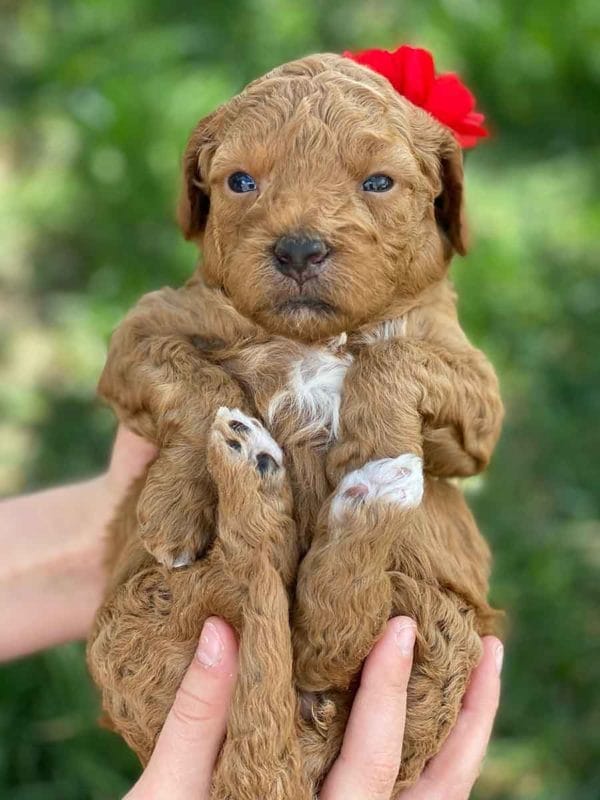 TEACUP GOLDENDOODLE PUPPIES, Precious Doodle Dogs, Teacup Doodle Dogs, Goldendoodle, Doodle Dog, Golden Doodles, Goldendoodle for sale, Goldendoodle puppies for sale, Miniature goldendoodle, goldendoodle puppies, mini goldendoodle, mini puppies, mini goldendoodle size, Mini Doodle Dogs, f1 goldendoodle, golden retriever poodle, chocolate goldendoodle, small doodles, goldendoodle temperament, goldendoodle colors, goldendoodle price, white goldendoodle, f2 goldendoodle, mini goldendoodle price, mini goldendoodle full grown, f1 mini goldendoodle, f1b goldendoodle, parti goldendoodle, goldendoodles near me, english goldendoodle, australian goldendoodle, red goldendoodle, doodle breeds, brown goldendoodle, goldendoodle cost, adult mini goldendoodle, golden noodle dog, doodle dog breeds, miniature golden doodle, miniature puppies, golden retriever poodle mix, A Star is Born, A star is born goldendoodle, a star is born dog, Bradley Cooper's Dog, Bradley Cooper Dog, Bradley Cooper's Goldendoodle, arizona goldendoodles, goldendoodle training, goldendoodle size, how big do mini goldendoodles get, goldendoodle full grown, baby goldendoodle, goldendoodle houston, golden doodles for sale, adult goldendoodle, apricot goldendoodle, goldendoodle grooming, mini golden doodles, goldendoodle shedding, f2b goldendoodle, goldendoodle hypoallergenic, goldendoodle names, english cream goldendoodle, golden retriever and poodle mix, mini goldendoodle puppies, micro goldendoodle, mini goldendoodle puppies for sale, miniature goldendoodle for sale, goldendoodle puppies for adoption, teddy bear goldendoodle, mini goldendoodle rescue, medium goldendoodle, black goldendoodle, mini goldendoodle for sale near me, goldendoodle puppies for sale near me, mini doodle, doodle puppies, mini goldendoodle for sale, goldendoodle breeders near me, miniature goldendoodle for sale near me, toy goldendoodle, petite goldendoodle, golden doodle dog, miniature goldendoodle puppies, mini goldendoodle puppies for sale near me, goldendoodles for sale near me, mini goldedoodle breeders, goldendoodle adoption, f1b mini goldendoodle, small goldendoodle, teacup goldendoodle, goldendoodle puppies near me, goldendoodle breeders, how to groom a goldendoodle, great doodle puppies, golden doodle mix, goldendoodle tampa, goldendoodle facts, white doodle dog, white goldendoodle puppy, mini goldendoodle maryland, country mini doodles, goldendoodle los angeles, toy labradoodle puppies for sale, types of goldendoodles, mini golden retriever puppies, golden goldendoodle, mini golden retriever puppies for sale, miniature australian goldendoodle, goldendoodle sacramento, goldendoodle omaha, labradoodle goldendoodle, f1 medium goldendoodle, BEST goldendoodles, pictures of mini goldendoodles, teacup goldendoodle full grown, micro mini goldendoodle full grown, toy goldendoodle price, goldendoodle chicago, retriever doodle, teacup goldendoodle puppies for sale, cute goldendoodle, mini teddy bear puppies, miniature goldendoodle full grown, f2 mini goldendoodle, goldendoodle spokane, mini goldendoodle chicago, micro mini goldendoodle, how nbig do miniature goldendoodles get, brown mini goldendoodle, mini doodle breeds, poodle doodle dog, what is a mini goldendoodle, black mini goldendoodle, mini irish doodle puppies for sale, f1b goldendoodle size, toy golden doodles, chocolate brown goldendoodle puppies for sale, petite goldendoodle full grown, goldendoodle behavior, american goldendoodle, f1b medium goldendoodle, goldendoodle puppy cost, cute goldendoodle puppies, goldendoodle indianapolis, teddy goldendoodle, mini goldendoodle weight, teddy bear golden doodles, f1b goldendoodle puppies for sale, miniature goldendoodle size, chocolate goldendoodle puppy, english cream mini goldendoodle, doodle puppies near me, red miniature goldendoodle, cream goldendoodle, goldendoodle puppy cut, mini goldendoodle hypoallergenic, dog breed goldendoodle, goldendoodle poodle mixes, goldendoodle allergies, goldendoodle info, sandy ridge goldendoodles, lakeshore goldendoodles, toy goldendoodle puppies for sale, labradoodle and goldendoodle, goldendoodle las vegas, goldendoodle phoenix, doodle breeders near me, miniature goldendoodle weight, black and white goldendoodle, sarasota goldendoodles, mini goldendoodle dallas, a goldendoodle, what is a goldendoodle, goldendoodle dallas, mini golden doodles for sale, ginger doodle puppy, how much does a mini goldendoodle cost, goldendoodle san antonio, goldendoodle photos, goldendoodle cuts, chocolate mini goldendoodle, all about goldendoodles, goldendoodle cincinnati, black doodle dog, goldendoodle weight, miniature goldendoodle breeders, goldendoodle information, miniature goldendoodle puppies for sale, doodle puppies for sale near me, black labradoodle puppies for sale, goldendoodle seattle, golden doodles near me, teacup goldendoodle for sale, golden retriever poodle puppy, goldendoodle rochester ny, goldendoodle and poodle mix, akc goldendoodle, goldendoodle kansas city, mini goldendoodle facts, goldendoodle austin, goldendoodle doodle, goldendoodle tulsa, curly goldendoodle, brown goldendoodle puppies, f1b labradoodle puppies for sale, red mini goldendoodle, goldendoodle poodle, chocolate goldendoodle for sale, tiny goldendoodle, goldendoodle puppies breeders, english goldendoodle puppies for sale, mini golden labradoodle, f1b mini teddy bear goldendoodles, red goldendoodle puppies for sale, miniature golden retriever breeders, f1 goldendoodles for sale, teacup goldendoodle puppies, toy mini goldendoodle, xs petite goldendoodle, f2 goldendoodle puppies for sale, mini goldendoodle cost, black goldendoodle for sale, english teddy bear goldendoodle, small doodle dogs, goldendoodle nashville, english goldendoodle puppies, golden retriever poodle mix for sale, red goldendoodle puppy, parti goldendoodles for sale, english cream goldendoodles for sale, doodle puppies for sale, golden retriever poodle mix puppies, goldendoodle tucson, f1b mini goldendoodle puppies for sale, mini goldendoodle breeders northeast, teddy bear goldendoodle, toy goldendoodle rescue, petite mini goldendoodle, goldendoodle stuff, mini goldendoodles near me, teddy bear goldendoodle puppies, f1 goldendoodle puppies, teddy bear goldendoodles for sale, silver goldendoodle, buy goldendoodle, mini golden doodle dog, teddy bear goldendoodles mini, micro mini goldendoodle puppies for sale, goldendoodle dogs for sale, best goldendoodle breeders, chocolate goldendoodle puppies for sale, doodle dogs for sale, toy goldendoodle puppies, mini doodle dog, toy goldendoodle breeders, doodles for sale, goldendoodle hypoallergenic dog, mini goldendoodle breeders near me, english goldendoodle breeders, f1b mini goldendoodle for sale, teacup goldendoodle price, petite goldendoodle for sale, mini english goldendoodle, mini goldendoodle info, miniature goldendoodle puppies for sale near me, black goldendoodle puppies for sale, f1 goldendoodle puppies for sale, Teacup Goldendoodles AL, Teacup Goldendoodles AK, Teacup Goldendoodles AZ, Teacup Goldendoodles AR, Teacup Goldendoodles CA, Teacup Goldendoodles CO, Teacup Goldendoodles CT, Teacup Goldendoodles DE, Teacup Goldendoodles FL, Teacup Goldendoodles GA, Teacup Goldendoodles HI, Teacup Goldendoodles ID, Teacup Goldendoodles IL, Teacup Goldendoodles IN, Teacup Goldendoodles IA, Teacup Goldendoodles KS, Teacup Goldendoodles KY, Teacup Goldendoodles LA, Teacup Goldendoodles ME, Teacup Goldendoodles MD, Teacup Goldendoodles MA, Teacup Goldendoodles MI, Teacup Goldendoodles MN, Teacup Goldendoodles MS, Teacup Goldendoodles MO, Teacup Goldendoodles MT, Teacup Goldendoodles NE, Teacup Goldendoodles NV, Teacup Goldendoodles NH, Teacup Goldendoodles NJ, Teacup Goldendoodles NM, Teacup Goldendoodles NY, Teacup Goldendoodles NC, Teacup Goldendoodles ND, Teacup Goldendoodles OH, Teacup Goldendoodles OK, Teacup Goldendoodles OR, Teacup Goldendoodles PA, Teacup Goldendoodles RI, Teacup Goldendoodles SC, Teacup Goldendoodles SD, Teacup Goldendoodles TN, Teacup Goldendoodles TX, Teacup Goldendoodles UT, Teacup Goldendoodles VT, Teacup Goldendoodles VA, Teacup Goldendoodles WA, Teacup Goldendoodles WV, Teacup Goldendoodles WI, Teacup Goldendoodles WY, Teacup Golden Doodles AL, Teacup Golden Doodles AK, Teacup Golden Doodles AZ, Teacup Golden Doodles AR, Teacup Golden Doodles CA, Teacup Golden Doodles CO, Teacup Golden Doodles CT, Teacup Golden Doodles DE, Teacup Golden Doodles FL, Teacup Golden Doodles GA, Teacup Golden Doodles HI, Teacup Golden Doodles ID, Teacup Golden Doodles IL, Teacup Golden Doodles IN, Teacup Golden Doodles IA, Teacup Golden Doodles KS, Teacup Golden Doodles KY, Teacup Golden Doodles LA, Teacup Golden Doodles ME, Teacup Golden Doodles MD, Teacup Golden Doodles MA, Teacup Golden Doodles MI, Teacup Golden Doodles MN, Teacup Golden Doodles MS, Teacup Golden Doodles MO, Teacup Golden Doodles MT, Teacup Golden Doodles NE, Teacup Golden Doodles NV, Teacup Golden Doodles NH, Teacup Golden Doodles NJ, Teacup Golden Doodles NM, Teacup Golden Doodles NY, Teacup Golden Doodles NC, Teacup Golden Doodles ND, Teacup Golden Doodles OH, Teacup Golden Doodles OK, Teacup Golden Doodles OR, Teacup Golden Doodles PA, Teacup Golden Doodles RI, Teacup Golden Doodles SC, Teacup Golden Doodles SD, Teacup Golden Doodles TN, Teacup Golden Doodles TX, Teacup Golden Doodles UT, Teacup Golden Doodles VT, Teacup Golden Doodles VA, Teacup Golden Doodles WA, Teacup Golden Doodles WV, Teacup Golden Doodles WI, Teacup Golden Doodles WY, Toy Goldendoodle Alabama, Toy Goldendoodle Alaska, Toy Goldendoodle Arizona, Toy Goldendoodle Arkansas, Toy Goldendoodle California, Toy Goldendoodle Colorado, Toy Goldendoodle Connecticut, Toy Goldendoodle Delaware, Toy Goldendoodle Florida, Toy Goldendoodle Georgia, Toy Goldendoodle Hawaii, Toy Goldendoodle Idaho, Toy Goldendoodle Illinois, Toy Goldendoodle Indiana, Toy Goldendoodle Iowa, Toy Goldendoodle Kansas, Toy Goldendoodle Kentucky, Toy Goldendoodle Louisiana, Toy Goldendoodle Maine, Toy Goldendoodle Maryland, Toy Goldendoodle Massachusetts, Toy Goldendoodle Michigan, Toy Goldendoodle Minnesota, Toy Goldendoodle Mississippi, Toy Goldendoodle Missouri, Toy Goldendoodle Montana, Toy Goldendoodle Nebraska, Toy Goldendoodle Nevada, Toy Goldendoodle New Hampshire, Toy Goldendoodle New Jersey, Toy Goldendoodle New Mexico, Toy Goldendoodle New York, Toy Goldendoodle North Carolina, Toy Goldendoodle North Dakota, Toy Goldendoodle Ohio, Toy Goldendoodle Oklahoma, Toy Goldendoodle Oregon, Toy Goldendoodle Pennsylvania, Toy Goldendoodle Rhode Island, Toy Goldendoodle South Carolina, Toy Goldendoodle South Dakota, Toy Goldendoodle Tennessee, Toy Goldendoodle Texas, Toy Goldendoodle Utah, Toy Goldendoodle Vermont, Toy Goldendoodle Virginia, Toy Goldendoodle Washington, Toy Goldendoodle West Virginia, Toy Goldendoodle Wisconsin, Toy Goldendoodle Wyoming, Teacup Goldendoodle breeders AL, Teacup Goldendoodle breeders AK, Teacup Goldendoodle breeders AZ, Teacup Goldendoodle breeders AR, Teacup Goldendoodle breeders CA, Teacup Goldendoodle breeders CO, Teacup Goldendoodle breeders CT, Teacup Goldendoodle breeders DE, Teacup Goldendoodle breeders FL, Teacup Goldendoodle breeders GA, Teacup Goldendoodle breeders HI, Teacup Goldendoodle breeders ID, Teacup Goldendoodle breeders IL, Teacup Goldendoodle breeders IN, Teacup Goldendoodle breeders IA, Teacup Goldendoodle breeders KS, Teacup Goldendoodle breeders KY, Teacup Goldendoodle breeders LA, Teacup Goldendoodle breeders ME, Teacup Goldendoodle breeders MD, Teacup Goldendoodle breeders MA, Teacup Goldendoodle breeders MI, Teacup Goldendoodle breeders MN, Teacup Goldendoodle breeders MS, Teacup Goldendoodle breeders MO, Teacup Goldendoodle breeders MT, Teacup Goldendoodle breeders NE, Teacup Goldendoodle breeders NV, Teacup Goldendoodle breeders NH, Teacup Goldendoodle breeders NJ, Teacup Goldendoodle breeders NM, Teacup Goldendoodle breeders NY, Teacup Goldendoodle breeders NC, Teacup Goldendoodle breeders ND, Teacup Goldendoodle breeders OH, Teacup Goldendoodle breeders OK, Teacup Goldendoodle breeders OR, Teacup Goldendoodle breeders PA, Teacup Goldendoodle breeders RI, Teacup Goldendoodle breeders SC, Teacup Goldendoodle breeders SD, Teacup Goldendoodle breeders TN, Teacup Goldendoodle breeders TX, Teacup Goldendoodle breeders UT, Teacup Goldendoodle breeders VT, Teacup Goldendoodle breeders VA, Teacup Goldendoodle breeders WA, Teacup Goldendoodle breeders WV, Teacup Goldendoodle breeders WI, Teacup Goldendoodle breeders WY, Teacup Golden doodle puppies for sale in AL, Teacup Golden doodle puppies for sale in AK, Teacup Golden doodle puppies for sale in AZ, Teacup Golden doodle puppies for sale in AR, Teacup Golden doodle puppies for sale in CA, Teacup Golden doodle puppies for sale in CO, Teacup Golden doodle puppies for sale in CT, Teacup Golden doodle puppies for sale in DE, Teacup Golden doodle puppies for sale in FL, Teacup Golden doodle puppies for sale in GA, Teacup Golden doodle puppies for sale in HI, Teacup Golden doodle puppies for sale in ID, Teacup Golden doodle puppies for sale in IL, Teacup Golden doodle puppies for sale in IN, Teacup Golden doodle puppies for sale in IA, Teacup Golden doodle puppies for sale in KS, Teacup Golden doodle puppies for sale in KY, Teacup Golden doodle puppies for sale in LA, Teacup Golden doodle puppies for sale in ME, Teacup Golden doodle puppies for sale in MD, Teacup Golden doodle puppies for sale in MA, Teacup Golden doodle puppies for sale in MI, Teacup Golden doodle puppies for sale in MN, Teacup Golden doodle puppies for sale in MS, Teacup Golden doodle puppies for sale in MO, Teacup Golden doodle puppies for sale in MT, Teacup Golden doodle puppies for sale in NE, Teacup Golden doodle puppies for sale in NV, Teacup Golden doodle puppies for sale in NH, Teacup Golden doodle puppies for sale in NJ, Teacup Golden doodle puppies for sale in NM, Teacup Golden doodle puppies for sale in NY, Teacup Golden doodle puppies for sale in NC, Teacup Golden doodle puppies for sale in ND, Teacup Golden doodle puppies for sale in OH, Teacup Golden doodle puppies for sale in OK, Teacup Golden doodle puppies for sale in OR, Teacup Golden doodle puppies for sale in PA, Teacup Golden doodle puppies for sale in RI, Teacup Golden doodle puppies for sale in SC, Teacup Golden doodle puppies for sale in SD, Teacup Golden doodle puppies for sale in TN, Teacup Golden doodle puppies for sale in TX, Teacup Golden doodle puppies for sale in UT, Teacup Golden doodle puppies for sale in VT, Teacup Golden doodle puppies for sale in VA, Teacup Golden doodle puppies for sale in WA, Teacup Golden doodle puppies for sale in WV, Teacup Golden doodle puppies for sale in WI, Teacup Golden doodle puppies for sale in WY, Teacup Goldendoodles for sale in AL, Teacup Goldendoodles for sale in AK, Teacup Goldendoodles for sale in AZ, Teacup Goldendoodles for sale in AR, Teacup Goldendoodles for sale in CA, Teacup Goldendoodles for sale in CO, Teacup Goldendoodles for sale in CT, Teacup Goldendoodles for sale in DE, Teacup Goldendoodles for sale in FL, Teacup Goldendoodles for sale in GA, Teacup Goldendoodles for sale in HI, Teacup Goldendoodles for sale in ID, Teacup Goldendoodles for sale in IL, Teacup Goldendoodles for sale in IN, Teacup Goldendoodles for sale in IA, Teacup Goldendoodles for sale in KS, Teacup Goldendoodles for sale in KY, Teacup Goldendoodles for sale in LA, Teacup Goldendoodles for sale in ME, Teacup Goldendoodles for sale in MD, Teacup Goldendoodles for sale in MA, Teacup Goldendoodles for sale in MI, Teacup Goldendoodles for sale in MN, Teacup Goldendoodles for sale in MS, Teacup Goldendoodles for sale in MO, Teacup Goldendoodles for sale in MT, Teacup Goldendoodles for sale in NE, Teacup Goldendoodles for sale in NV, Teacup Goldendoodles for sale in NH, Teacup Goldendoodles for sale in NJ, Teacup Goldendoodles for sale in NM, Teacup Goldendoodles for sale in NY, Teacup Goldendoodles for sale in NC, Teacup Goldendoodles for sale in ND, Teacup Goldendoodles for sale in OH, Teacup Goldendoodles for sale in OK, Teacup Goldendoodles for sale in OR, Teacup Goldendoodles for sale in PA, Teacup Goldendoodles for sale in RI, Teacup Goldendoodles for sale in SC, Teacup Goldendoodles for sale in SD, Teacup Goldendoodles for sale in TN, Teacup Goldendoodles for sale in TX, Teacup Goldendoodles for sale in UT, Teacup Goldendoodles for sale in VT, Teacup Goldendoodles for sale in VA, Teacup Goldendoodles for sale in WA, Teacup Goldendoodles for sale in WV, Teacup Goldendoodles for sale in WI, Teacup Goldendoodles for sale in WY, Teacup Goldendoodle Alabama, Teacup Goldendoodle Alaska, Teacup Goldendoodle Arizona, Teacup Goldendoodle Arkansas, Teacup Goldendoodle California, Teacup Goldendoodle Colorado, Teacup Goldendoodle Connecticut, Teacup Goldendoodle Delaware, Teacup Goldendoodle Florida, Teacup Goldendoodle Georgia, Teacup Goldendoodle Hawaii, Teacup Goldendoodle Idaho, Teacup Goldendoodle Illinois, Teacup Goldendoodle Indiana, Teacup Goldendoodle Iowa, Teacup Goldendoodle Kansas, Teacup Goldendoodle Kentucky, Teacup Goldendoodle Louisiana, Teacup Goldendoodle Maine, Teacup Goldendoodle Maryland, Teacup Goldendoodle Massachusetts, Teacup Goldendoodle Michigan, Teacup Goldendoodle Minnesota, Teacup Goldendoodle Mississippi, Teacup Goldendoodle Missouri, Teacup Goldendoodle Montana, Teacup Goldendoodle Nebraska, Teacup Goldendoodle Nevada, Teacup Goldendoodle New Hampshire, Teacup Goldendoodle New Jersey, Teacup Goldendoodle New Mexico, Teacup Goldendoodle New York, Teacup Goldendoodle North Carolina, Teacup Goldendoodle North Dakota, Teacup Goldendoodle Ohio, Teacup Goldendoodle Oklahoma, Teacup Goldendoodle Oregon, Teacup Goldendoodle Pennsylvania, Teacup Goldendoodle Rhode Island, Teacup Goldendoodle South Carolina, Teacup Goldendoodle South Dakota, Teacup Goldendoodle Tennessee, Teacup Goldendoodle Texas, Teacup Goldendoodle Utah, Teacup Goldendoodle Vermont, Teacup Goldendoodle Virginia, Teacup Goldendoodle Washington, Teacup Goldendoodle West Virginia, Teacup Goldendoodle Wisconsin, Teacup Goldendoodle Wyoming, Goldendoodle Breeders AL, Goldendoodle Breeders AK, Goldendoodle Breeders AZ, Goldendoodle Breeders AR, Goldendoodle Breeders CA, Goldendoodle Breeders CO, Goldendoodle Breeders CT, Goldendoodle Breeders DE, Goldendoodle Breeders FL, Goldendoodle Breeders GA, Goldendoodle Breeders HI, Goldendoodle Breeders ID, Goldendoodle Breeders IL, Goldendoodle Breeders IN, Goldendoodle Breeders IA, Goldendoodle Breeders KS, Goldendoodle Breeders KY, Goldendoodle Breeders LA, Goldendoodle Breeders ME, Goldendoodle Breeders MD, Goldendoodle Breeders MA, Goldendoodle Breeders MI, Goldendoodle Breeders MN, Goldendoodle Breeders MS, Goldendoodle Breeders MO, Goldendoodle Breeders MT, Goldendoodle Breeders NE, Goldendoodle Breeders NV, Goldendoodle Breeders NH, Goldendoodle Breeders NJ, Goldendoodle Breeders NM, Goldendoodle Breeders NY, Goldendoodle Breeders NC, Goldendoodle Breeders ND, Goldendoodle Breeders OH, Goldendoodle Breeders OK, Goldendoodle Breeders OR, Goldendoodle Breeders PA, Goldendoodle Breeders RI, Goldendoodle Breeders SC, Goldendoodle Breeders SD, Goldendoodle Breeders TN, Goldendoodle Breeders TX, Goldendoodle Breeders UT, Goldendoodle Breeders VT, Goldendoodle Breeders VA, Goldendoodle Breeders WA, Goldendoodle Breeders WV, Goldendoodle Breeders WI, Goldendoodle Breeders WY, Teacup Golden doodles for sale in AL, Teacup Golden doodles for sale in AK, Teacup Golden doodles for sale in AZ, Teacup Golden doodles for sale in AR, Teacup Golden doodles for sale in CA, Teacup Golden doodles for sale in CO, Teacup Golden doodles for sale in CT, Teacup Golden doodles for sale in DE, Teacup Golden doodles for sale in FL, Teacup Golden doodles for sale in GA, Teacup Golden doodles for sale in HI, Teacup Golden doodles for sale in ID, Teacup Golden doodles for sale in IL, Teacup Golden doodles for sale in IN, Teacup Golden doodles for sale in IA, Teacup Golden doodles for sale in KS, Teacup Golden doodles for sale in KY, Teacup Golden doodles for sale in LA, Teacup Golden doodles for sale in ME, Teacup Golden doodles for sale in MD, Teacup Golden doodles for sale in MA, Teacup Golden doodles for sale in MI, Teacup Golden doodles for sale in MN, Teacup Golden doodles for sale in MS, Teacup Golden doodles for sale in MO, Teacup Golden doodles for sale in MT, Teacup Golden doodles for sale in NE, Teacup Golden doodles for sale in NV, Teacup Golden doodles for sale in NH, Teacup Golden doodles for sale in NJ, Teacup Golden doodles for sale in NM, Teacup Golden doodles for sale in NY, Teacup Golden doodles for sale in NC, Teacup Golden doodles for sale in ND, Teacup Golden doodles for sale in OH, Teacup Golden doodles for sale in OK, Teacup Golden doodles for sale in OR, Teacup Golden doodles for sale in PA, Teacup Golden doodles for sale in RI, Teacup Golden doodles for sale in SC, Teacup Golden doodles for sale in SD, Teacup Golden doodles for sale in TN, Teacup Golden doodles for sale in TX, Teacup Golden doodles for sale in UT, Teacup Golden doodles for sale in VT, Teacup Golden doodles for sale in VA, Teacup Golden doodles for sale in WA, Teacup Golden doodles for sale in WV, Teacup Golden doodles for sale in WI, Teacup Golden doodles for sale in WY,
