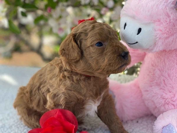 TEACUP GOLDENDOODLE PUPPIES, Precious Doodle Dogs, Teacup Doodle Dogs, Goldendoodle, Doodle Dog, Golden Doodles, Goldendoodle for sale, Goldendoodle puppies for sale, Miniature goldendoodle, goldendoodle puppies, mini goldendoodle, mini puppies, mini goldendoodle size, Mini Doodle Dogs, f1 goldendoodle, golden retriever poodle, chocolate goldendoodle, small doodles, goldendoodle temperament, goldendoodle colors, goldendoodle price, white goldendoodle, f2 goldendoodle, mini goldendoodle price, mini goldendoodle full grown, f1 mini goldendoodle, f1b goldendoodle, parti goldendoodle, goldendoodles near me, english goldendoodle, australian goldendoodle, red goldendoodle, doodle breeds, brown goldendoodle, goldendoodle cost, adult mini goldendoodle, golden noodle dog, doodle dog breeds, miniature golden doodle, miniature puppies, golden retriever poodle mix, A Star is Born, A star is born goldendoodle, a star is born dog, Bradley Cooper's Dog, Bradley Cooper Dog, Bradley Cooper's Goldendoodle, arizona goldendoodles, goldendoodle training, goldendoodle size, how big do mini goldendoodles get, goldendoodle full grown, baby goldendoodle, goldendoodle houston, golden doodles for sale, adult goldendoodle, apricot goldendoodle, goldendoodle grooming, mini golden doodles, goldendoodle shedding, f2b goldendoodle, goldendoodle hypoallergenic, goldendoodle names, english cream goldendoodle, golden retriever and poodle mix, mini goldendoodle puppies, micro goldendoodle, mini goldendoodle puppies for sale, miniature goldendoodle for sale, goldendoodle puppies for adoption, teddy bear goldendoodle, mini goldendoodle rescue, medium goldendoodle, black goldendoodle, mini goldendoodle for sale near me, goldendoodle puppies for sale near me, mini doodle, doodle puppies, mini goldendoodle for sale, goldendoodle breeders near me, miniature goldendoodle for sale near me, toy goldendoodle, petite goldendoodle, golden doodle dog, miniature goldendoodle puppies, mini goldendoodle puppies for sale near me, goldendoodles for sale near me, mini goldedoodle breeders, goldendoodle adoption, f1b mini goldendoodle, small goldendoodle, teacup goldendoodle, goldendoodle puppies near me, goldendoodle breeders, how to groom a goldendoodle, great doodle puppies, golden doodle mix, goldendoodle tampa, goldendoodle facts, white doodle dog, white goldendoodle puppy, mini goldendoodle maryland, country mini doodles, goldendoodle los angeles, toy labradoodle puppies for sale, types of goldendoodles, mini golden retriever puppies, golden goldendoodle, mini golden retriever puppies for sale, miniature australian goldendoodle, goldendoodle sacramento, goldendoodle omaha, labradoodle goldendoodle, f1 medium goldendoodle, BEST goldendoodles, pictures of mini goldendoodles, teacup goldendoodle full grown, micro mini goldendoodle full grown, toy goldendoodle price, goldendoodle chicago, retriever doodle, teacup goldendoodle puppies for sale, cute goldendoodle, mini teddy bear puppies, miniature goldendoodle full grown, f2 mini goldendoodle, goldendoodle spokane, mini goldendoodle chicago, micro mini goldendoodle, how nbig do miniature goldendoodles get, brown mini goldendoodle, mini doodle breeds, poodle doodle dog, what is a mini goldendoodle, black mini goldendoodle, mini irish doodle puppies for sale, f1b goldendoodle size, toy golden doodles, chocolate brown goldendoodle puppies for sale, petite goldendoodle full grown, goldendoodle behavior, american goldendoodle, f1b medium goldendoodle, goldendoodle puppy cost, cute goldendoodle puppies, goldendoodle indianapolis, teddy goldendoodle, mini goldendoodle weight, teddy bear golden doodles, f1b goldendoodle puppies for sale, miniature goldendoodle size, chocolate goldendoodle puppy, english cream mini goldendoodle, doodle puppies near me, red miniature goldendoodle, cream goldendoodle, goldendoodle puppy cut, mini goldendoodle hypoallergenic, dog breed goldendoodle, goldendoodle poodle mixes, goldendoodle allergies, goldendoodle info, sandy ridge goldendoodles, lakeshore goldendoodles, toy goldendoodle puppies for sale, labradoodle and goldendoodle, goldendoodle las vegas, goldendoodle phoenix, doodle breeders near me, miniature goldendoodle weight, black and white goldendoodle, sarasota goldendoodles, mini goldendoodle dallas, a goldendoodle, what is a goldendoodle, goldendoodle dallas, mini golden doodles for sale, ginger doodle puppy, how much does a mini goldendoodle cost, goldendoodle san antonio, goldendoodle photos, goldendoodle cuts, chocolate mini goldendoodle, all about goldendoodles, goldendoodle cincinnati, black doodle dog, goldendoodle weight, miniature goldendoodle breeders, goldendoodle information, miniature goldendoodle puppies for sale, doodle puppies for sale near me, black labradoodle puppies for sale, goldendoodle seattle, golden doodles near me, teacup goldendoodle for sale, golden retriever poodle puppy, goldendoodle rochester ny, goldendoodle and poodle mix, akc goldendoodle, goldendoodle kansas city, mini goldendoodle facts, goldendoodle austin, goldendoodle doodle, goldendoodle tulsa, curly goldendoodle, brown goldendoodle puppies, f1b labradoodle puppies for sale, red mini goldendoodle, goldendoodle poodle, chocolate goldendoodle for sale, tiny goldendoodle, goldendoodle puppies breeders, english goldendoodle puppies for sale, mini golden labradoodle, f1b mini teddy bear goldendoodles, red goldendoodle puppies for sale, miniature golden retriever breeders, f1 goldendoodles for sale, teacup goldendoodle puppies, toy mini goldendoodle, xs petite goldendoodle, f2 goldendoodle puppies for sale, mini goldendoodle cost, black goldendoodle for sale, english teddy bear goldendoodle, small doodle dogs, goldendoodle nashville, english goldendoodle puppies, golden retriever poodle mix for sale, red goldendoodle puppy, parti goldendoodles for sale, english cream goldendoodles for sale, doodle puppies for sale, golden retriever poodle mix puppies, goldendoodle tucson, f1b mini goldendoodle puppies for sale, mini goldendoodle breeders northeast, teddy bear goldendoodle, toy goldendoodle rescue, petite mini goldendoodle, goldendoodle stuff, mini goldendoodles near me, teddy bear goldendoodle puppies, f1 goldendoodle puppies, teddy bear goldendoodles for sale, silver goldendoodle, buy goldendoodle, mini golden doodle dog, teddy bear goldendoodles mini, micro mini goldendoodle puppies for sale, goldendoodle dogs for sale, best goldendoodle breeders, chocolate goldendoodle puppies for sale, doodle dogs for sale, toy goldendoodle puppies, mini doodle dog, toy goldendoodle breeders, doodles for sale, goldendoodle hypoallergenic dog, mini goldendoodle breeders near me, english goldendoodle breeders, f1b mini goldendoodle for sale, teacup goldendoodle price, petite goldendoodle for sale, mini english goldendoodle, mini goldendoodle info, miniature goldendoodle puppies for sale near me, black goldendoodle puppies for sale, f1 goldendoodle puppies for sale, Teacup Goldendoodles AL, Teacup Goldendoodles AK, Teacup Goldendoodles AZ, Teacup Goldendoodles AR, Teacup Goldendoodles CA, Teacup Goldendoodles CO, Teacup Goldendoodles CT, Teacup Goldendoodles DE, Teacup Goldendoodles FL, Teacup Goldendoodles GA, Teacup Goldendoodles HI, Teacup Goldendoodles ID, Teacup Goldendoodles IL, Teacup Goldendoodles IN, Teacup Goldendoodles IA, Teacup Goldendoodles KS, Teacup Goldendoodles KY, Teacup Goldendoodles LA, Teacup Goldendoodles ME, Teacup Goldendoodles MD, Teacup Goldendoodles MA, Teacup Goldendoodles MI, Teacup Goldendoodles MN, Teacup Goldendoodles MS, Teacup Goldendoodles MO, Teacup Goldendoodles MT, Teacup Goldendoodles NE, Teacup Goldendoodles NV, Teacup Goldendoodles NH, Teacup Goldendoodles NJ, Teacup Goldendoodles NM, Teacup Goldendoodles NY, Teacup Goldendoodles NC, Teacup Goldendoodles ND, Teacup Goldendoodles OH, Teacup Goldendoodles OK, Teacup Goldendoodles OR, Teacup Goldendoodles PA, Teacup Goldendoodles RI, Teacup Goldendoodles SC, Teacup Goldendoodles SD, Teacup Goldendoodles TN, Teacup Goldendoodles TX, Teacup Goldendoodles UT, Teacup Goldendoodles VT, Teacup Goldendoodles VA, Teacup Goldendoodles WA, Teacup Goldendoodles WV, Teacup Goldendoodles WI, Teacup Goldendoodles WY, Teacup Golden Doodles AL, Teacup Golden Doodles AK, Teacup Golden Doodles AZ, Teacup Golden Doodles AR, Teacup Golden Doodles CA, Teacup Golden Doodles CO, Teacup Golden Doodles CT, Teacup Golden Doodles DE, Teacup Golden Doodles FL, Teacup Golden Doodles GA, Teacup Golden Doodles HI, Teacup Golden Doodles ID, Teacup Golden Doodles IL, Teacup Golden Doodles IN, Teacup Golden Doodles IA, Teacup Golden Doodles KS, Teacup Golden Doodles KY, Teacup Golden Doodles LA, Teacup Golden Doodles ME, Teacup Golden Doodles MD, Teacup Golden Doodles MA, Teacup Golden Doodles MI, Teacup Golden Doodles MN, Teacup Golden Doodles MS, Teacup Golden Doodles MO, Teacup Golden Doodles MT, Teacup Golden Doodles NE, Teacup Golden Doodles NV, Teacup Golden Doodles NH, Teacup Golden Doodles NJ, Teacup Golden Doodles NM, Teacup Golden Doodles NY, Teacup Golden Doodles NC, Teacup Golden Doodles ND, Teacup Golden Doodles OH, Teacup Golden Doodles OK, Teacup Golden Doodles OR, Teacup Golden Doodles PA, Teacup Golden Doodles RI, Teacup Golden Doodles SC, Teacup Golden Doodles SD, Teacup Golden Doodles TN, Teacup Golden Doodles TX, Teacup Golden Doodles UT, Teacup Golden Doodles VT, Teacup Golden Doodles VA, Teacup Golden Doodles WA, Teacup Golden Doodles WV, Teacup Golden Doodles WI, Teacup Golden Doodles WY, Toy Goldendoodle Alabama, Toy Goldendoodle Alaska, Toy Goldendoodle Arizona, Toy Goldendoodle Arkansas, Toy Goldendoodle California, Toy Goldendoodle Colorado, Toy Goldendoodle Connecticut, Toy Goldendoodle Delaware, Toy Goldendoodle Florida, Toy Goldendoodle Georgia, Toy Goldendoodle Hawaii, Toy Goldendoodle Idaho, Toy Goldendoodle Illinois, Toy Goldendoodle Indiana, Toy Goldendoodle Iowa, Toy Goldendoodle Kansas, Toy Goldendoodle Kentucky, Toy Goldendoodle Louisiana, Toy Goldendoodle Maine, Toy Goldendoodle Maryland, Toy Goldendoodle Massachusetts, Toy Goldendoodle Michigan, Toy Goldendoodle Minnesota, Toy Goldendoodle Mississippi, Toy Goldendoodle Missouri, Toy Goldendoodle Montana, Toy Goldendoodle Nebraska, Toy Goldendoodle Nevada, Toy Goldendoodle New Hampshire, Toy Goldendoodle New Jersey, Toy Goldendoodle New Mexico, Toy Goldendoodle New York, Toy Goldendoodle North Carolina, Toy Goldendoodle North Dakota, Toy Goldendoodle Ohio, Toy Goldendoodle Oklahoma, Toy Goldendoodle Oregon, Toy Goldendoodle Pennsylvania, Toy Goldendoodle Rhode Island, Toy Goldendoodle South Carolina, Toy Goldendoodle South Dakota, Toy Goldendoodle Tennessee, Toy Goldendoodle Texas, Toy Goldendoodle Utah, Toy Goldendoodle Vermont, Toy Goldendoodle Virginia, Toy Goldendoodle Washington, Toy Goldendoodle West Virginia, Toy Goldendoodle Wisconsin, Toy Goldendoodle Wyoming, Teacup Goldendoodle breeders AL, Teacup Goldendoodle breeders AK, Teacup Goldendoodle breeders AZ, Teacup Goldendoodle breeders AR, Teacup Goldendoodle breeders CA, Teacup Goldendoodle breeders CO, Teacup Goldendoodle breeders CT, Teacup Goldendoodle breeders DE, Teacup Goldendoodle breeders FL, Teacup Goldendoodle breeders GA, Teacup Goldendoodle breeders HI, Teacup Goldendoodle breeders ID, Teacup Goldendoodle breeders IL, Teacup Goldendoodle breeders IN, Teacup Goldendoodle breeders IA, Teacup Goldendoodle breeders KS, Teacup Goldendoodle breeders KY, Teacup Goldendoodle breeders LA, Teacup Goldendoodle breeders ME, Teacup Goldendoodle breeders MD, Teacup Goldendoodle breeders MA, Teacup Goldendoodle breeders MI, Teacup Goldendoodle breeders MN, Teacup Goldendoodle breeders MS, Teacup Goldendoodle breeders MO, Teacup Goldendoodle breeders MT, Teacup Goldendoodle breeders NE, Teacup Goldendoodle breeders NV, Teacup Goldendoodle breeders NH, Teacup Goldendoodle breeders NJ, Teacup Goldendoodle breeders NM, Teacup Goldendoodle breeders NY, Teacup Goldendoodle breeders NC, Teacup Goldendoodle breeders ND, Teacup Goldendoodle breeders OH, Teacup Goldendoodle breeders OK, Teacup Goldendoodle breeders OR, Teacup Goldendoodle breeders PA, Teacup Goldendoodle breeders RI, Teacup Goldendoodle breeders SC, Teacup Goldendoodle breeders SD, Teacup Goldendoodle breeders TN, Teacup Goldendoodle breeders TX, Teacup Goldendoodle breeders UT, Teacup Goldendoodle breeders VT, Teacup Goldendoodle breeders VA, Teacup Goldendoodle breeders WA, Teacup Goldendoodle breeders WV, Teacup Goldendoodle breeders WI, Teacup Goldendoodle breeders WY, Teacup Golden doodle puppies for sale in AL, Teacup Golden doodle puppies for sale in AK, Teacup Golden doodle puppies for sale in AZ, Teacup Golden doodle puppies for sale in AR, Teacup Golden doodle puppies for sale in CA, Teacup Golden doodle puppies for sale in CO, Teacup Golden doodle puppies for sale in CT, Teacup Golden doodle puppies for sale in DE, Teacup Golden doodle puppies for sale in FL, Teacup Golden doodle puppies for sale in GA, Teacup Golden doodle puppies for sale in HI, Teacup Golden doodle puppies for sale in ID, Teacup Golden doodle puppies for sale in IL, Teacup Golden doodle puppies for sale in IN, Teacup Golden doodle puppies for sale in IA, Teacup Golden doodle puppies for sale in KS, Teacup Golden doodle puppies for sale in KY, Teacup Golden doodle puppies for sale in LA, Teacup Golden doodle puppies for sale in ME, Teacup Golden doodle puppies for sale in MD, Teacup Golden doodle puppies for sale in MA, Teacup Golden doodle puppies for sale in MI, Teacup Golden doodle puppies for sale in MN, Teacup Golden doodle puppies for sale in MS, Teacup Golden doodle puppies for sale in MO, Teacup Golden doodle puppies for sale in MT, Teacup Golden doodle puppies for sale in NE, Teacup Golden doodle puppies for sale in NV, Teacup Golden doodle puppies for sale in NH, Teacup Golden doodle puppies for sale in NJ, Teacup Golden doodle puppies for sale in NM, Teacup Golden doodle puppies for sale in NY, Teacup Golden doodle puppies for sale in NC, Teacup Golden doodle puppies for sale in ND, Teacup Golden doodle puppies for sale in OH, Teacup Golden doodle puppies for sale in OK, Teacup Golden doodle puppies for sale in OR, Teacup Golden doodle puppies for sale in PA, Teacup Golden doodle puppies for sale in RI, Teacup Golden doodle puppies for sale in SC, Teacup Golden doodle puppies for sale in SD, Teacup Golden doodle puppies for sale in TN, Teacup Golden doodle puppies for sale in TX, Teacup Golden doodle puppies for sale in UT, Teacup Golden doodle puppies for sale in VT, Teacup Golden doodle puppies for sale in VA, Teacup Golden doodle puppies for sale in WA, Teacup Golden doodle puppies for sale in WV, Teacup Golden doodle puppies for sale in WI, Teacup Golden doodle puppies for sale in WY, Teacup Goldendoodles for sale in AL, Teacup Goldendoodles for sale in AK, Teacup Goldendoodles for sale in AZ, Teacup Goldendoodles for sale in AR, Teacup Goldendoodles for sale in CA, Teacup Goldendoodles for sale in CO, Teacup Goldendoodles for sale in CT, Teacup Goldendoodles for sale in DE, Teacup Goldendoodles for sale in FL, Teacup Goldendoodles for sale in GA, Teacup Goldendoodles for sale in HI, Teacup Goldendoodles for sale in ID, Teacup Goldendoodles for sale in IL, Teacup Goldendoodles for sale in IN, Teacup Goldendoodles for sale in IA, Teacup Goldendoodles for sale in KS, Teacup Goldendoodles for sale in KY, Teacup Goldendoodles for sale in LA, Teacup Goldendoodles for sale in ME, Teacup Goldendoodles for sale in MD, Teacup Goldendoodles for sale in MA, Teacup Goldendoodles for sale in MI, Teacup Goldendoodles for sale in MN, Teacup Goldendoodles for sale in MS, Teacup Goldendoodles for sale in MO, Teacup Goldendoodles for sale in MT, Teacup Goldendoodles for sale in NE, Teacup Goldendoodles for sale in NV, Teacup Goldendoodles for sale in NH, Teacup Goldendoodles for sale in NJ, Teacup Goldendoodles for sale in NM, Teacup Goldendoodles for sale in NY, Teacup Goldendoodles for sale in NC, Teacup Goldendoodles for sale in ND, Teacup Goldendoodles for sale in OH, Teacup Goldendoodles for sale in OK, Teacup Goldendoodles for sale in OR, Teacup Goldendoodles for sale in PA, Teacup Goldendoodles for sale in RI, Teacup Goldendoodles for sale in SC, Teacup Goldendoodles for sale in SD, Teacup Goldendoodles for sale in TN, Teacup Goldendoodles for sale in TX, Teacup Goldendoodles for sale in UT, Teacup Goldendoodles for sale in VT, Teacup Goldendoodles for sale in VA, Teacup Goldendoodles for sale in WA, Teacup Goldendoodles for sale in WV, Teacup Goldendoodles for sale in WI, Teacup Goldendoodles for sale in WY, Teacup Goldendoodle Alabama, Teacup Goldendoodle Alaska, Teacup Goldendoodle Arizona, Teacup Goldendoodle Arkansas, Teacup Goldendoodle California, Teacup Goldendoodle Colorado, Teacup Goldendoodle Connecticut, Teacup Goldendoodle Delaware, Teacup Goldendoodle Florida, Teacup Goldendoodle Georgia, Teacup Goldendoodle Hawaii, Teacup Goldendoodle Idaho, Teacup Goldendoodle Illinois, Teacup Goldendoodle Indiana, Teacup Goldendoodle Iowa, Teacup Goldendoodle Kansas, Teacup Goldendoodle Kentucky, Teacup Goldendoodle Louisiana, Teacup Goldendoodle Maine, Teacup Goldendoodle Maryland, Teacup Goldendoodle Massachusetts, Teacup Goldendoodle Michigan, Teacup Goldendoodle Minnesota, Teacup Goldendoodle Mississippi, Teacup Goldendoodle Missouri, Teacup Goldendoodle Montana, Teacup Goldendoodle Nebraska, Teacup Goldendoodle Nevada, Teacup Goldendoodle New Hampshire, Teacup Goldendoodle New Jersey, Teacup Goldendoodle New Mexico, Teacup Goldendoodle New York, Teacup Goldendoodle North Carolina, Teacup Goldendoodle North Dakota, Teacup Goldendoodle Ohio, Teacup Goldendoodle Oklahoma, Teacup Goldendoodle Oregon, Teacup Goldendoodle Pennsylvania, Teacup Goldendoodle Rhode Island, Teacup Goldendoodle South Carolina, Teacup Goldendoodle South Dakota, Teacup Goldendoodle Tennessee, Teacup Goldendoodle Texas, Teacup Goldendoodle Utah, Teacup Goldendoodle Vermont, Teacup Goldendoodle Virginia, Teacup Goldendoodle Washington, Teacup Goldendoodle West Virginia, Teacup Goldendoodle Wisconsin, Teacup Goldendoodle Wyoming, Goldendoodle Breeders AL, Goldendoodle Breeders AK, Goldendoodle Breeders AZ, Goldendoodle Breeders AR, Goldendoodle Breeders CA, Goldendoodle Breeders CO, Goldendoodle Breeders CT, Goldendoodle Breeders DE, Goldendoodle Breeders FL, Goldendoodle Breeders GA, Goldendoodle Breeders HI, Goldendoodle Breeders ID, Goldendoodle Breeders IL, Goldendoodle Breeders IN, Goldendoodle Breeders IA, Goldendoodle Breeders KS, Goldendoodle Breeders KY, Goldendoodle Breeders LA, Goldendoodle Breeders ME, Goldendoodle Breeders MD, Goldendoodle Breeders MA, Goldendoodle Breeders MI, Goldendoodle Breeders MN, Goldendoodle Breeders MS, Goldendoodle Breeders MO, Goldendoodle Breeders MT, Goldendoodle Breeders NE, Goldendoodle Breeders NV, Goldendoodle Breeders NH, Goldendoodle Breeders NJ, Goldendoodle Breeders NM, Goldendoodle Breeders NY, Goldendoodle Breeders NC, Goldendoodle Breeders ND, Goldendoodle Breeders OH, Goldendoodle Breeders OK, Goldendoodle Breeders OR, Goldendoodle Breeders PA, Goldendoodle Breeders RI, Goldendoodle Breeders SC, Goldendoodle Breeders SD, Goldendoodle Breeders TN, Goldendoodle Breeders TX, Goldendoodle Breeders UT, Goldendoodle Breeders VT, Goldendoodle Breeders VA, Goldendoodle Breeders WA, Goldendoodle Breeders WV, Goldendoodle Breeders WI, Goldendoodle Breeders WY, Teacup Golden doodles for sale in AL, Teacup Golden doodles for sale in AK, Teacup Golden doodles for sale in AZ, Teacup Golden doodles for sale in AR, Teacup Golden doodles for sale in CA, Teacup Golden doodles for sale in CO, Teacup Golden doodles for sale in CT, Teacup Golden doodles for sale in DE, Teacup Golden doodles for sale in FL, Teacup Golden doodles for sale in GA, Teacup Golden doodles for sale in HI, Teacup Golden doodles for sale in ID, Teacup Golden doodles for sale in IL, Teacup Golden doodles for sale in IN, Teacup Golden doodles for sale in IA, Teacup Golden doodles for sale in KS, Teacup Golden doodles for sale in KY, Teacup Golden doodles for sale in LA, Teacup Golden doodles for sale in ME, Teacup Golden doodles for sale in MD, Teacup Golden doodles for sale in MA, Teacup Golden doodles for sale in MI, Teacup Golden doodles for sale in MN, Teacup Golden doodles for sale in MS, Teacup Golden doodles for sale in MO, Teacup Golden doodles for sale in MT, Teacup Golden doodles for sale in NE, Teacup Golden doodles for sale in NV, Teacup Golden doodles for sale in NH, Teacup Golden doodles for sale in NJ, Teacup Golden doodles for sale in NM, Teacup Golden doodles for sale in NY, Teacup Golden doodles for sale in NC, Teacup Golden doodles for sale in ND, Teacup Golden doodles for sale in OH, Teacup Golden doodles for sale in OK, Teacup Golden doodles for sale in OR, Teacup Golden doodles for sale in PA, Teacup Golden doodles for sale in RI, Teacup Golden doodles for sale in SC, Teacup Golden doodles for sale in SD, Teacup Golden doodles for sale in TN, Teacup Golden doodles for sale in TX, Teacup Golden doodles for sale in UT, Teacup Golden doodles for sale in VT, Teacup Golden doodles for sale in VA, Teacup Golden doodles for sale in WA, Teacup Golden doodles for sale in WV, Teacup Golden doodles for sale in WI, Teacup Golden doodles for sale in WY,