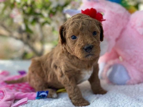 TEACUP GOLDENDOODLE PUPPIES, Precious Doodle Dogs, Teacup Doodle Dogs, Goldendoodle, Doodle Dog, Golden Doodles, Goldendoodle for sale, Goldendoodle puppies for sale, Miniature goldendoodle, goldendoodle puppies, mini goldendoodle, mini puppies, mini goldendoodle size, Mini Doodle Dogs, f1 goldendoodle, golden retriever poodle, chocolate goldendoodle, small doodles, goldendoodle temperament, goldendoodle colors, goldendoodle price, white goldendoodle, f2 goldendoodle, mini goldendoodle price, mini goldendoodle full grown, f1 mini goldendoodle, f1b goldendoodle, parti goldendoodle, goldendoodles near me, english goldendoodle, australian goldendoodle, red goldendoodle, doodle breeds, brown goldendoodle, goldendoodle cost, adult mini goldendoodle, golden noodle dog, doodle dog breeds, miniature golden doodle, miniature puppies, golden retriever poodle mix, A Star is Born, A star is born goldendoodle, a star is born dog, Bradley Cooper's Dog, Bradley Cooper Dog, Bradley Cooper's Goldendoodle, arizona goldendoodles, goldendoodle training, goldendoodle size, how big do mini goldendoodles get, goldendoodle full grown, baby goldendoodle, goldendoodle houston, golden doodles for sale, adult goldendoodle, apricot goldendoodle, goldendoodle grooming, mini golden doodles, goldendoodle shedding, f2b goldendoodle, goldendoodle hypoallergenic, goldendoodle names, english cream goldendoodle, golden retriever and poodle mix, mini goldendoodle puppies, micro goldendoodle, mini goldendoodle puppies for sale, miniature goldendoodle for sale, goldendoodle puppies for adoption, teddy bear goldendoodle, mini goldendoodle rescue, medium goldendoodle, black goldendoodle, mini goldendoodle for sale near me, goldendoodle puppies for sale near me, mini doodle, doodle puppies, mini goldendoodle for sale, goldendoodle breeders near me, miniature goldendoodle for sale near me, toy goldendoodle, petite goldendoodle, golden doodle dog, miniature goldendoodle puppies, mini goldendoodle puppies for sale near me, goldendoodles for sale near me, mini goldedoodle breeders, goldendoodle adoption, f1b mini goldendoodle, small goldendoodle, teacup goldendoodle, goldendoodle puppies near me, goldendoodle breeders, how to groom a goldendoodle, great doodle puppies, golden doodle mix, goldendoodle tampa, goldendoodle facts, white doodle dog, white goldendoodle puppy, mini goldendoodle maryland, country mini doodles, goldendoodle los angeles, toy labradoodle puppies for sale, types of goldendoodles, mini golden retriever puppies, golden goldendoodle, mini golden retriever puppies for sale, miniature australian goldendoodle, goldendoodle sacramento, goldendoodle omaha, labradoodle goldendoodle, f1 medium goldendoodle, BEST goldendoodles, pictures of mini goldendoodles, teacup goldendoodle full grown, micro mini goldendoodle full grown, toy goldendoodle price, goldendoodle chicago, retriever doodle, teacup goldendoodle puppies for sale, cute goldendoodle, mini teddy bear puppies, miniature goldendoodle full grown, f2 mini goldendoodle, goldendoodle spokane, mini goldendoodle chicago, micro mini goldendoodle, how nbig do miniature goldendoodles get, brown mini goldendoodle, mini doodle breeds, poodle doodle dog, what is a mini goldendoodle, black mini goldendoodle, mini irish doodle puppies for sale, f1b goldendoodle size, toy golden doodles, chocolate brown goldendoodle puppies for sale, petite goldendoodle full grown, goldendoodle behavior, american goldendoodle, f1b medium goldendoodle, goldendoodle puppy cost, cute goldendoodle puppies, goldendoodle indianapolis, teddy goldendoodle, mini goldendoodle weight, teddy bear golden doodles, f1b goldendoodle puppies for sale, miniature goldendoodle size, chocolate goldendoodle puppy, english cream mini goldendoodle, doodle puppies near me, red miniature goldendoodle, cream goldendoodle, goldendoodle puppy cut, mini goldendoodle hypoallergenic, dog breed goldendoodle, goldendoodle poodle mixes, goldendoodle allergies, goldendoodle info, sandy ridge goldendoodles, lakeshore goldendoodles, toy goldendoodle puppies for sale, labradoodle and goldendoodle, goldendoodle las vegas, goldendoodle phoenix, doodle breeders near me, miniature goldendoodle weight, black and white goldendoodle, sarasota goldendoodles, mini goldendoodle dallas, a goldendoodle, what is a goldendoodle, goldendoodle dallas, mini golden doodles for sale, ginger doodle puppy, how much does a mini goldendoodle cost, goldendoodle san antonio, goldendoodle photos, goldendoodle cuts, chocolate mini goldendoodle, all about goldendoodles, goldendoodle cincinnati, black doodle dog, goldendoodle weight, miniature goldendoodle breeders, goldendoodle information, miniature goldendoodle puppies for sale, doodle puppies for sale near me, black labradoodle puppies for sale, goldendoodle seattle, golden doodles near me, teacup goldendoodle for sale, golden retriever poodle puppy, goldendoodle rochester ny, goldendoodle and poodle mix, akc goldendoodle, goldendoodle kansas city, mini goldendoodle facts, goldendoodle austin, goldendoodle doodle, goldendoodle tulsa, curly goldendoodle, brown goldendoodle puppies, f1b labradoodle puppies for sale, red mini goldendoodle, goldendoodle poodle, chocolate goldendoodle for sale, tiny goldendoodle, goldendoodle puppies breeders, english goldendoodle puppies for sale, mini golden labradoodle, f1b mini teddy bear goldendoodles, red goldendoodle puppies for sale, miniature golden retriever breeders, f1 goldendoodles for sale, teacup goldendoodle puppies, toy mini goldendoodle, xs petite goldendoodle, f2 goldendoodle puppies for sale, mini goldendoodle cost, black goldendoodle for sale, english teddy bear goldendoodle, small doodle dogs, goldendoodle nashville, english goldendoodle puppies, golden retriever poodle mix for sale, red goldendoodle puppy, parti goldendoodles for sale, english cream goldendoodles for sale, doodle puppies for sale, golden retriever poodle mix puppies, goldendoodle tucson, f1b mini goldendoodle puppies for sale, mini goldendoodle breeders northeast, teddy bear goldendoodle, toy goldendoodle rescue, petite mini goldendoodle, goldendoodle stuff, mini goldendoodles near me, teddy bear goldendoodle puppies, f1 goldendoodle puppies, teddy bear goldendoodles for sale, silver goldendoodle, buy goldendoodle, mini golden doodle dog, teddy bear goldendoodles mini, micro mini goldendoodle puppies for sale, goldendoodle dogs for sale, best goldendoodle breeders, chocolate goldendoodle puppies for sale, doodle dogs for sale, toy goldendoodle puppies, mini doodle dog, toy goldendoodle breeders, doodles for sale, goldendoodle hypoallergenic dog, mini goldendoodle breeders near me, english goldendoodle breeders, f1b mini goldendoodle for sale, teacup goldendoodle price, petite goldendoodle for sale, mini english goldendoodle, mini goldendoodle info, miniature goldendoodle puppies for sale near me, black goldendoodle puppies for sale, f1 goldendoodle puppies for sale, Teacup Goldendoodles AL, Teacup Goldendoodles AK, Teacup Goldendoodles AZ, Teacup Goldendoodles AR, Teacup Goldendoodles CA, Teacup Goldendoodles CO, Teacup Goldendoodles CT, Teacup Goldendoodles DE, Teacup Goldendoodles FL, Teacup Goldendoodles GA, Teacup Goldendoodles HI, Teacup Goldendoodles ID, Teacup Goldendoodles IL, Teacup Goldendoodles IN, Teacup Goldendoodles IA, Teacup Goldendoodles KS, Teacup Goldendoodles KY, Teacup Goldendoodles LA, Teacup Goldendoodles ME, Teacup Goldendoodles MD, Teacup Goldendoodles MA, Teacup Goldendoodles MI, Teacup Goldendoodles MN, Teacup Goldendoodles MS, Teacup Goldendoodles MO, Teacup Goldendoodles MT, Teacup Goldendoodles NE, Teacup Goldendoodles NV, Teacup Goldendoodles NH, Teacup Goldendoodles NJ, Teacup Goldendoodles NM, Teacup Goldendoodles NY, Teacup Goldendoodles NC, Teacup Goldendoodles ND, Teacup Goldendoodles OH, Teacup Goldendoodles OK, Teacup Goldendoodles OR, Teacup Goldendoodles PA, Teacup Goldendoodles RI, Teacup Goldendoodles SC, Teacup Goldendoodles SD, Teacup Goldendoodles TN, Teacup Goldendoodles TX, Teacup Goldendoodles UT, Teacup Goldendoodles VT, Teacup Goldendoodles VA, Teacup Goldendoodles WA, Teacup Goldendoodles WV, Teacup Goldendoodles WI, Teacup Goldendoodles WY, Teacup Golden Doodles AL, Teacup Golden Doodles AK, Teacup Golden Doodles AZ, Teacup Golden Doodles AR, Teacup Golden Doodles CA, Teacup Golden Doodles CO, Teacup Golden Doodles CT, Teacup Golden Doodles DE, Teacup Golden Doodles FL, Teacup Golden Doodles GA, Teacup Golden Doodles HI, Teacup Golden Doodles ID, Teacup Golden Doodles IL, Teacup Golden Doodles IN, Teacup Golden Doodles IA, Teacup Golden Doodles KS, Teacup Golden Doodles KY, Teacup Golden Doodles LA, Teacup Golden Doodles ME, Teacup Golden Doodles MD, Teacup Golden Doodles MA, Teacup Golden Doodles MI, Teacup Golden Doodles MN, Teacup Golden Doodles MS, Teacup Golden Doodles MO, Teacup Golden Doodles MT, Teacup Golden Doodles NE, Teacup Golden Doodles NV, Teacup Golden Doodles NH, Teacup Golden Doodles NJ, Teacup Golden Doodles NM, Teacup Golden Doodles NY, Teacup Golden Doodles NC, Teacup Golden Doodles ND, Teacup Golden Doodles OH, Teacup Golden Doodles OK, Teacup Golden Doodles OR, Teacup Golden Doodles PA, Teacup Golden Doodles RI, Teacup Golden Doodles SC, Teacup Golden Doodles SD, Teacup Golden Doodles TN, Teacup Golden Doodles TX, Teacup Golden Doodles UT, Teacup Golden Doodles VT, Teacup Golden Doodles VA, Teacup Golden Doodles WA, Teacup Golden Doodles WV, Teacup Golden Doodles WI, Teacup Golden Doodles WY, Toy Goldendoodle Alabama, Toy Goldendoodle Alaska, Toy Goldendoodle Arizona, Toy Goldendoodle Arkansas, Toy Goldendoodle California, Toy Goldendoodle Colorado, Toy Goldendoodle Connecticut, Toy Goldendoodle Delaware, Toy Goldendoodle Florida, Toy Goldendoodle Georgia, Toy Goldendoodle Hawaii, Toy Goldendoodle Idaho, Toy Goldendoodle Illinois, Toy Goldendoodle Indiana, Toy Goldendoodle Iowa, Toy Goldendoodle Kansas, Toy Goldendoodle Kentucky, Toy Goldendoodle Louisiana, Toy Goldendoodle Maine, Toy Goldendoodle Maryland, Toy Goldendoodle Massachusetts, Toy Goldendoodle Michigan, Toy Goldendoodle Minnesota, Toy Goldendoodle Mississippi, Toy Goldendoodle Missouri, Toy Goldendoodle Montana, Toy Goldendoodle Nebraska, Toy Goldendoodle Nevada, Toy Goldendoodle New Hampshire, Toy Goldendoodle New Jersey, Toy Goldendoodle New Mexico, Toy Goldendoodle New York, Toy Goldendoodle North Carolina, Toy Goldendoodle North Dakota, Toy Goldendoodle Ohio, Toy Goldendoodle Oklahoma, Toy Goldendoodle Oregon, Toy Goldendoodle Pennsylvania, Toy Goldendoodle Rhode Island, Toy Goldendoodle South Carolina, Toy Goldendoodle South Dakota, Toy Goldendoodle Tennessee, Toy Goldendoodle Texas, Toy Goldendoodle Utah, Toy Goldendoodle Vermont, Toy Goldendoodle Virginia, Toy Goldendoodle Washington, Toy Goldendoodle West Virginia, Toy Goldendoodle Wisconsin, Toy Goldendoodle Wyoming, Teacup Goldendoodle breeders AL, Teacup Goldendoodle breeders AK, Teacup Goldendoodle breeders AZ, Teacup Goldendoodle breeders AR, Teacup Goldendoodle breeders CA, Teacup Goldendoodle breeders CO, Teacup Goldendoodle breeders CT, Teacup Goldendoodle breeders DE, Teacup Goldendoodle breeders FL, Teacup Goldendoodle breeders GA, Teacup Goldendoodle breeders HI, Teacup Goldendoodle breeders ID, Teacup Goldendoodle breeders IL, Teacup Goldendoodle breeders IN, Teacup Goldendoodle breeders IA, Teacup Goldendoodle breeders KS, Teacup Goldendoodle breeders KY, Teacup Goldendoodle breeders LA, Teacup Goldendoodle breeders ME, Teacup Goldendoodle breeders MD, Teacup Goldendoodle breeders MA, Teacup Goldendoodle breeders MI, Teacup Goldendoodle breeders MN, Teacup Goldendoodle breeders MS, Teacup Goldendoodle breeders MO, Teacup Goldendoodle breeders MT, Teacup Goldendoodle breeders NE, Teacup Goldendoodle breeders NV, Teacup Goldendoodle breeders NH, Teacup Goldendoodle breeders NJ, Teacup Goldendoodle breeders NM, Teacup Goldendoodle breeders NY, Teacup Goldendoodle breeders NC, Teacup Goldendoodle breeders ND, Teacup Goldendoodle breeders OH, Teacup Goldendoodle breeders OK, Teacup Goldendoodle breeders OR, Teacup Goldendoodle breeders PA, Teacup Goldendoodle breeders RI, Teacup Goldendoodle breeders SC, Teacup Goldendoodle breeders SD, Teacup Goldendoodle breeders TN, Teacup Goldendoodle breeders TX, Teacup Goldendoodle breeders UT, Teacup Goldendoodle breeders VT, Teacup Goldendoodle breeders VA, Teacup Goldendoodle breeders WA, Teacup Goldendoodle breeders WV, Teacup Goldendoodle breeders WI, Teacup Goldendoodle breeders WY, Teacup Golden doodle puppies for sale in AL, Teacup Golden doodle puppies for sale in AK, Teacup Golden doodle puppies for sale in AZ, Teacup Golden doodle puppies for sale in AR, Teacup Golden doodle puppies for sale in CA, Teacup Golden doodle puppies for sale in CO, Teacup Golden doodle puppies for sale in CT, Teacup Golden doodle puppies for sale in DE, Teacup Golden doodle puppies for sale in FL, Teacup Golden doodle puppies for sale in GA, Teacup Golden doodle puppies for sale in HI, Teacup Golden doodle puppies for sale in ID, Teacup Golden doodle puppies for sale in IL, Teacup Golden doodle puppies for sale in IN, Teacup Golden doodle puppies for sale in IA, Teacup Golden doodle puppies for sale in KS, Teacup Golden doodle puppies for sale in KY, Teacup Golden doodle puppies for sale in LA, Teacup Golden doodle puppies for sale in ME, Teacup Golden doodle puppies for sale in MD, Teacup Golden doodle puppies for sale in MA, Teacup Golden doodle puppies for sale in MI, Teacup Golden doodle puppies for sale in MN, Teacup Golden doodle puppies for sale in MS, Teacup Golden doodle puppies for sale in MO, Teacup Golden doodle puppies for sale in MT, Teacup Golden doodle puppies for sale in NE, Teacup Golden doodle puppies for sale in NV, Teacup Golden doodle puppies for sale in NH, Teacup Golden doodle puppies for sale in NJ, Teacup Golden doodle puppies for sale in NM, Teacup Golden doodle puppies for sale in NY, Teacup Golden doodle puppies for sale in NC, Teacup Golden doodle puppies for sale in ND, Teacup Golden doodle puppies for sale in OH, Teacup Golden doodle puppies for sale in OK, Teacup Golden doodle puppies for sale in OR, Teacup Golden doodle puppies for sale in PA, Teacup Golden doodle puppies for sale in RI, Teacup Golden doodle puppies for sale in SC, Teacup Golden doodle puppies for sale in SD, Teacup Golden doodle puppies for sale in TN, Teacup Golden doodle puppies for sale in TX, Teacup Golden doodle puppies for sale in UT, Teacup Golden doodle puppies for sale in VT, Teacup Golden doodle puppies for sale in VA, Teacup Golden doodle puppies for sale in WA, Teacup Golden doodle puppies for sale in WV, Teacup Golden doodle puppies for sale in WI, Teacup Golden doodle puppies for sale in WY, Teacup Goldendoodles for sale in AL, Teacup Goldendoodles for sale in AK, Teacup Goldendoodles for sale in AZ, Teacup Goldendoodles for sale in AR, Teacup Goldendoodles for sale in CA, Teacup Goldendoodles for sale in CO, Teacup Goldendoodles for sale in CT, Teacup Goldendoodles for sale in DE, Teacup Goldendoodles for sale in FL, Teacup Goldendoodles for sale in GA, Teacup Goldendoodles for sale in HI, Teacup Goldendoodles for sale in ID, Teacup Goldendoodles for sale in IL, Teacup Goldendoodles for sale in IN, Teacup Goldendoodles for sale in IA, Teacup Goldendoodles for sale in KS, Teacup Goldendoodles for sale in KY, Teacup Goldendoodles for sale in LA, Teacup Goldendoodles for sale in ME, Teacup Goldendoodles for sale in MD, Teacup Goldendoodles for sale in MA, Teacup Goldendoodles for sale in MI, Teacup Goldendoodles for sale in MN, Teacup Goldendoodles for sale in MS, Teacup Goldendoodles for sale in MO, Teacup Goldendoodles for sale in MT, Teacup Goldendoodles for sale in NE, Teacup Goldendoodles for sale in NV, Teacup Goldendoodles for sale in NH, Teacup Goldendoodles for sale in NJ, Teacup Goldendoodles for sale in NM, Teacup Goldendoodles for sale in NY, Teacup Goldendoodles for sale in NC, Teacup Goldendoodles for sale in ND, Teacup Goldendoodles for sale in OH, Teacup Goldendoodles for sale in OK, Teacup Goldendoodles for sale in OR, Teacup Goldendoodles for sale in PA, Teacup Goldendoodles for sale in RI, Teacup Goldendoodles for sale in SC, Teacup Goldendoodles for sale in SD, Teacup Goldendoodles for sale in TN, Teacup Goldendoodles for sale in TX, Teacup Goldendoodles for sale in UT, Teacup Goldendoodles for sale in VT, Teacup Goldendoodles for sale in VA, Teacup Goldendoodles for sale in WA, Teacup Goldendoodles for sale in WV, Teacup Goldendoodles for sale in WI, Teacup Goldendoodles for sale in WY, Teacup Goldendoodle Alabama, Teacup Goldendoodle Alaska, Teacup Goldendoodle Arizona, Teacup Goldendoodle Arkansas, Teacup Goldendoodle California, Teacup Goldendoodle Colorado, Teacup Goldendoodle Connecticut, Teacup Goldendoodle Delaware, Teacup Goldendoodle Florida, Teacup Goldendoodle Georgia, Teacup Goldendoodle Hawaii, Teacup Goldendoodle Idaho, Teacup Goldendoodle Illinois, Teacup Goldendoodle Indiana, Teacup Goldendoodle Iowa, Teacup Goldendoodle Kansas, Teacup Goldendoodle Kentucky, Teacup Goldendoodle Louisiana, Teacup Goldendoodle Maine, Teacup Goldendoodle Maryland, Teacup Goldendoodle Massachusetts, Teacup Goldendoodle Michigan, Teacup Goldendoodle Minnesota, Teacup Goldendoodle Mississippi, Teacup Goldendoodle Missouri, Teacup Goldendoodle Montana, Teacup Goldendoodle Nebraska, Teacup Goldendoodle Nevada, Teacup Goldendoodle New Hampshire, Teacup Goldendoodle New Jersey, Teacup Goldendoodle New Mexico, Teacup Goldendoodle New York, Teacup Goldendoodle North Carolina, Teacup Goldendoodle North Dakota, Teacup Goldendoodle Ohio, Teacup Goldendoodle Oklahoma, Teacup Goldendoodle Oregon, Teacup Goldendoodle Pennsylvania, Teacup Goldendoodle Rhode Island, Teacup Goldendoodle South Carolina, Teacup Goldendoodle South Dakota, Teacup Goldendoodle Tennessee, Teacup Goldendoodle Texas, Teacup Goldendoodle Utah, Teacup Goldendoodle Vermont, Teacup Goldendoodle Virginia, Teacup Goldendoodle Washington, Teacup Goldendoodle West Virginia, Teacup Goldendoodle Wisconsin, Teacup Goldendoodle Wyoming, Goldendoodle Breeders AL, Goldendoodle Breeders AK, Goldendoodle Breeders AZ, Goldendoodle Breeders AR, Goldendoodle Breeders CA, Goldendoodle Breeders CO, Goldendoodle Breeders CT, Goldendoodle Breeders DE, Goldendoodle Breeders FL, Goldendoodle Breeders GA, Goldendoodle Breeders HI, Goldendoodle Breeders ID, Goldendoodle Breeders IL, Goldendoodle Breeders IN, Goldendoodle Breeders IA, Goldendoodle Breeders KS, Goldendoodle Breeders KY, Goldendoodle Breeders LA, Goldendoodle Breeders ME, Goldendoodle Breeders MD, Goldendoodle Breeders MA, Goldendoodle Breeders MI, Goldendoodle Breeders MN, Goldendoodle Breeders MS, Goldendoodle Breeders MO, Goldendoodle Breeders MT, Goldendoodle Breeders NE, Goldendoodle Breeders NV, Goldendoodle Breeders NH, Goldendoodle Breeders NJ, Goldendoodle Breeders NM, Goldendoodle Breeders NY, Goldendoodle Breeders NC, Goldendoodle Breeders ND, Goldendoodle Breeders OH, Goldendoodle Breeders OK, Goldendoodle Breeders OR, Goldendoodle Breeders PA, Goldendoodle Breeders RI, Goldendoodle Breeders SC, Goldendoodle Breeders SD, Goldendoodle Breeders TN, Goldendoodle Breeders TX, Goldendoodle Breeders UT, Goldendoodle Breeders VT, Goldendoodle Breeders VA, Goldendoodle Breeders WA, Goldendoodle Breeders WV, Goldendoodle Breeders WI, Goldendoodle Breeders WY, Teacup Golden doodles for sale in AL, Teacup Golden doodles for sale in AK, Teacup Golden doodles for sale in AZ, Teacup Golden doodles for sale in AR, Teacup Golden doodles for sale in CA, Teacup Golden doodles for sale in CO, Teacup Golden doodles for sale in CT, Teacup Golden doodles for sale in DE, Teacup Golden doodles for sale in FL, Teacup Golden doodles for sale in GA, Teacup Golden doodles for sale in HI, Teacup Golden doodles for sale in ID, Teacup Golden doodles for sale in IL, Teacup Golden doodles for sale in IN, Teacup Golden doodles for sale in IA, Teacup Golden doodles for sale in KS, Teacup Golden doodles for sale in KY, Teacup Golden doodles for sale in LA, Teacup Golden doodles for sale in ME, Teacup Golden doodles for sale in MD, Teacup Golden doodles for sale in MA, Teacup Golden doodles for sale in MI, Teacup Golden doodles for sale in MN, Teacup Golden doodles for sale in MS, Teacup Golden doodles for sale in MO, Teacup Golden doodles for sale in MT, Teacup Golden doodles for sale in NE, Teacup Golden doodles for sale in NV, Teacup Golden doodles for sale in NH, Teacup Golden doodles for sale in NJ, Teacup Golden doodles for sale in NM, Teacup Golden doodles for sale in NY, Teacup Golden doodles for sale in NC, Teacup Golden doodles for sale in ND, Teacup Golden doodles for sale in OH, Teacup Golden doodles for sale in OK, Teacup Golden doodles for sale in OR, Teacup Golden doodles for sale in PA, Teacup Golden doodles for sale in RI, Teacup Golden doodles for sale in SC, Teacup Golden doodles for sale in SD, Teacup Golden doodles for sale in TN, Teacup Golden doodles for sale in TX, Teacup Golden doodles for sale in UT, Teacup Golden doodles for sale in VT, Teacup Golden doodles for sale in VA, Teacup Golden doodles for sale in WA, Teacup Golden doodles for sale in WV, Teacup Golden doodles for sale in WI, Teacup Golden doodles for sale in WY,