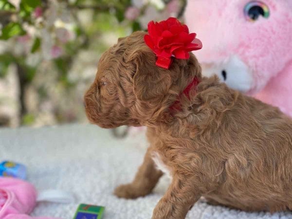 TEACUP GOLDENDOODLE PUPPIES, Precious Doodle Dogs, Teacup Doodle Dogs, Goldendoodle, Doodle Dog, Golden Doodles, Goldendoodle for sale, Goldendoodle puppies for sale, Miniature goldendoodle, goldendoodle puppies, mini goldendoodle, mini puppies, mini goldendoodle size, Mini Doodle Dogs, f1 goldendoodle, golden retriever poodle, chocolate goldendoodle, small doodles, goldendoodle temperament, goldendoodle colors, goldendoodle price, white goldendoodle, f2 goldendoodle, mini goldendoodle price, mini goldendoodle full grown, f1 mini goldendoodle, f1b goldendoodle, parti goldendoodle, goldendoodles near me, english goldendoodle, australian goldendoodle, red goldendoodle, doodle breeds, brown goldendoodle, goldendoodle cost, adult mini goldendoodle, golden noodle dog, doodle dog breeds, miniature golden doodle, miniature puppies, golden retriever poodle mix, A Star is Born, A star is born goldendoodle, a star is born dog, Bradley Cooper's Dog, Bradley Cooper Dog, Bradley Cooper's Goldendoodle, arizona goldendoodles, goldendoodle training, goldendoodle size, how big do mini goldendoodles get, goldendoodle full grown, baby goldendoodle, goldendoodle houston, golden doodles for sale, adult goldendoodle, apricot goldendoodle, goldendoodle grooming, mini golden doodles, goldendoodle shedding, f2b goldendoodle, goldendoodle hypoallergenic, goldendoodle names, english cream goldendoodle, golden retriever and poodle mix, mini goldendoodle puppies, micro goldendoodle, mini goldendoodle puppies for sale, miniature goldendoodle for sale, goldendoodle puppies for adoption, teddy bear goldendoodle, mini goldendoodle rescue, medium goldendoodle, black goldendoodle, mini goldendoodle for sale near me, goldendoodle puppies for sale near me, mini doodle, doodle puppies, mini goldendoodle for sale, goldendoodle breeders near me, miniature goldendoodle for sale near me, toy goldendoodle, petite goldendoodle, golden doodle dog, miniature goldendoodle puppies, mini goldendoodle puppies for sale near me, goldendoodles for sale near me, mini goldedoodle breeders, goldendoodle adoption, f1b mini goldendoodle, small goldendoodle, teacup goldendoodle, goldendoodle puppies near me, goldendoodle breeders, how to groom a goldendoodle, great doodle puppies, golden doodle mix, goldendoodle tampa, goldendoodle facts, white doodle dog, white goldendoodle puppy, mini goldendoodle maryland, country mini doodles, goldendoodle los angeles, toy labradoodle puppies for sale, types of goldendoodles, mini golden retriever puppies, golden goldendoodle, mini golden retriever puppies for sale, miniature australian goldendoodle, goldendoodle sacramento, goldendoodle omaha, labradoodle goldendoodle, f1 medium goldendoodle, BEST goldendoodles, pictures of mini goldendoodles, teacup goldendoodle full grown, micro mini goldendoodle full grown, toy goldendoodle price, goldendoodle chicago, retriever doodle, teacup goldendoodle puppies for sale, cute goldendoodle, mini teddy bear puppies, miniature goldendoodle full grown, f2 mini goldendoodle, goldendoodle spokane, mini goldendoodle chicago, micro mini goldendoodle, how nbig do miniature goldendoodles get, brown mini goldendoodle, mini doodle breeds, poodle doodle dog, what is a mini goldendoodle, black mini goldendoodle, mini irish doodle puppies for sale, f1b goldendoodle size, toy golden doodles, chocolate brown goldendoodle puppies for sale, petite goldendoodle full grown, goldendoodle behavior, american goldendoodle, f1b medium goldendoodle, goldendoodle puppy cost, cute goldendoodle puppies, goldendoodle indianapolis, teddy goldendoodle, mini goldendoodle weight, teddy bear golden doodles, f1b goldendoodle puppies for sale, miniature goldendoodle size, chocolate goldendoodle puppy, english cream mini goldendoodle, doodle puppies near me, red miniature goldendoodle, cream goldendoodle, goldendoodle puppy cut, mini goldendoodle hypoallergenic, dog breed goldendoodle, goldendoodle poodle mixes, goldendoodle allergies, goldendoodle info, sandy ridge goldendoodles, lakeshore goldendoodles, toy goldendoodle puppies for sale, labradoodle and goldendoodle, goldendoodle las vegas, goldendoodle phoenix, doodle breeders near me, miniature goldendoodle weight, black and white goldendoodle, sarasota goldendoodles, mini goldendoodle dallas, a goldendoodle, what is a goldendoodle, goldendoodle dallas, mini golden doodles for sale, ginger doodle puppy, how much does a mini goldendoodle cost, goldendoodle san antonio, goldendoodle photos, goldendoodle cuts, chocolate mini goldendoodle, all about goldendoodles, goldendoodle cincinnati, black doodle dog, goldendoodle weight, miniature goldendoodle breeders, goldendoodle information, miniature goldendoodle puppies for sale, doodle puppies for sale near me, black labradoodle puppies for sale, goldendoodle seattle, golden doodles near me, teacup goldendoodle for sale, golden retriever poodle puppy, goldendoodle rochester ny, goldendoodle and poodle mix, akc goldendoodle, goldendoodle kansas city, mini goldendoodle facts, goldendoodle austin, goldendoodle doodle, goldendoodle tulsa, curly goldendoodle, brown goldendoodle puppies, f1b labradoodle puppies for sale, red mini goldendoodle, goldendoodle poodle, chocolate goldendoodle for sale, tiny goldendoodle, goldendoodle puppies breeders, english goldendoodle puppies for sale, mini golden labradoodle, f1b mini teddy bear goldendoodles, red goldendoodle puppies for sale, miniature golden retriever breeders, f1 goldendoodles for sale, teacup goldendoodle puppies, toy mini goldendoodle, xs petite goldendoodle, f2 goldendoodle puppies for sale, mini goldendoodle cost, black goldendoodle for sale, english teddy bear goldendoodle, small doodle dogs, goldendoodle nashville, english goldendoodle puppies, golden retriever poodle mix for sale, red goldendoodle puppy, parti goldendoodles for sale, english cream goldendoodles for sale, doodle puppies for sale, golden retriever poodle mix puppies, goldendoodle tucson, f1b mini goldendoodle puppies for sale, mini goldendoodle breeders northeast, teddy bear goldendoodle, toy goldendoodle rescue, petite mini goldendoodle, goldendoodle stuff, mini goldendoodles near me, teddy bear goldendoodle puppies, f1 goldendoodle puppies, teddy bear goldendoodles for sale, silver goldendoodle, buy goldendoodle, mini golden doodle dog, teddy bear goldendoodles mini, micro mini goldendoodle puppies for sale, goldendoodle dogs for sale, best goldendoodle breeders, chocolate goldendoodle puppies for sale, doodle dogs for sale, toy goldendoodle puppies, mini doodle dog, toy goldendoodle breeders, doodles for sale, goldendoodle hypoallergenic dog, mini goldendoodle breeders near me, english goldendoodle breeders, f1b mini goldendoodle for sale, teacup goldendoodle price, petite goldendoodle for sale, mini english goldendoodle, mini goldendoodle info, miniature goldendoodle puppies for sale near me, black goldendoodle puppies for sale, f1 goldendoodle puppies for sale, Teacup Goldendoodles AL, Teacup Goldendoodles AK, Teacup Goldendoodles AZ, Teacup Goldendoodles AR, Teacup Goldendoodles CA, Teacup Goldendoodles CO, Teacup Goldendoodles CT, Teacup Goldendoodles DE, Teacup Goldendoodles FL, Teacup Goldendoodles GA, Teacup Goldendoodles HI, Teacup Goldendoodles ID, Teacup Goldendoodles IL, Teacup Goldendoodles IN, Teacup Goldendoodles IA, Teacup Goldendoodles KS, Teacup Goldendoodles KY, Teacup Goldendoodles LA, Teacup Goldendoodles ME, Teacup Goldendoodles MD, Teacup Goldendoodles MA, Teacup Goldendoodles MI, Teacup Goldendoodles MN, Teacup Goldendoodles MS, Teacup Goldendoodles MO, Teacup Goldendoodles MT, Teacup Goldendoodles NE, Teacup Goldendoodles NV, Teacup Goldendoodles NH, Teacup Goldendoodles NJ, Teacup Goldendoodles NM, Teacup Goldendoodles NY, Teacup Goldendoodles NC, Teacup Goldendoodles ND, Teacup Goldendoodles OH, Teacup Goldendoodles OK, Teacup Goldendoodles OR, Teacup Goldendoodles PA, Teacup Goldendoodles RI, Teacup Goldendoodles SC, Teacup Goldendoodles SD, Teacup Goldendoodles TN, Teacup Goldendoodles TX, Teacup Goldendoodles UT, Teacup Goldendoodles VT, Teacup Goldendoodles VA, Teacup Goldendoodles WA, Teacup Goldendoodles WV, Teacup Goldendoodles WI, Teacup Goldendoodles WY, Teacup Golden Doodles AL, Teacup Golden Doodles AK, Teacup Golden Doodles AZ, Teacup Golden Doodles AR, Teacup Golden Doodles CA, Teacup Golden Doodles CO, Teacup Golden Doodles CT, Teacup Golden Doodles DE, Teacup Golden Doodles FL, Teacup Golden Doodles GA, Teacup Golden Doodles HI, Teacup Golden Doodles ID, Teacup Golden Doodles IL, Teacup Golden Doodles IN, Teacup Golden Doodles IA, Teacup Golden Doodles KS, Teacup Golden Doodles KY, Teacup Golden Doodles LA, Teacup Golden Doodles ME, Teacup Golden Doodles MD, Teacup Golden Doodles MA, Teacup Golden Doodles MI, Teacup Golden Doodles MN, Teacup Golden Doodles MS, Teacup Golden Doodles MO, Teacup Golden Doodles MT, Teacup Golden Doodles NE, Teacup Golden Doodles NV, Teacup Golden Doodles NH, Teacup Golden Doodles NJ, Teacup Golden Doodles NM, Teacup Golden Doodles NY, Teacup Golden Doodles NC, Teacup Golden Doodles ND, Teacup Golden Doodles OH, Teacup Golden Doodles OK, Teacup Golden Doodles OR, Teacup Golden Doodles PA, Teacup Golden Doodles RI, Teacup Golden Doodles SC, Teacup Golden Doodles SD, Teacup Golden Doodles TN, Teacup Golden Doodles TX, Teacup Golden Doodles UT, Teacup Golden Doodles VT, Teacup Golden Doodles VA, Teacup Golden Doodles WA, Teacup Golden Doodles WV, Teacup Golden Doodles WI, Teacup Golden Doodles WY, Toy Goldendoodle Alabama, Toy Goldendoodle Alaska, Toy Goldendoodle Arizona, Toy Goldendoodle Arkansas, Toy Goldendoodle California, Toy Goldendoodle Colorado, Toy Goldendoodle Connecticut, Toy Goldendoodle Delaware, Toy Goldendoodle Florida, Toy Goldendoodle Georgia, Toy Goldendoodle Hawaii, Toy Goldendoodle Idaho, Toy Goldendoodle Illinois, Toy Goldendoodle Indiana, Toy Goldendoodle Iowa, Toy Goldendoodle Kansas, Toy Goldendoodle Kentucky, Toy Goldendoodle Louisiana, Toy Goldendoodle Maine, Toy Goldendoodle Maryland, Toy Goldendoodle Massachusetts, Toy Goldendoodle Michigan, Toy Goldendoodle Minnesota, Toy Goldendoodle Mississippi, Toy Goldendoodle Missouri, Toy Goldendoodle Montana, Toy Goldendoodle Nebraska, Toy Goldendoodle Nevada, Toy Goldendoodle New Hampshire, Toy Goldendoodle New Jersey, Toy Goldendoodle New Mexico, Toy Goldendoodle New York, Toy Goldendoodle North Carolina, Toy Goldendoodle North Dakota, Toy Goldendoodle Ohio, Toy Goldendoodle Oklahoma, Toy Goldendoodle Oregon, Toy Goldendoodle Pennsylvania, Toy Goldendoodle Rhode Island, Toy Goldendoodle South Carolina, Toy Goldendoodle South Dakota, Toy Goldendoodle Tennessee, Toy Goldendoodle Texas, Toy Goldendoodle Utah, Toy Goldendoodle Vermont, Toy Goldendoodle Virginia, Toy Goldendoodle Washington, Toy Goldendoodle West Virginia, Toy Goldendoodle Wisconsin, Toy Goldendoodle Wyoming, Teacup Goldendoodle breeders AL, Teacup Goldendoodle breeders AK, Teacup Goldendoodle breeders AZ, Teacup Goldendoodle breeders AR, Teacup Goldendoodle breeders CA, Teacup Goldendoodle breeders CO, Teacup Goldendoodle breeders CT, Teacup Goldendoodle breeders DE, Teacup Goldendoodle breeders FL, Teacup Goldendoodle breeders GA, Teacup Goldendoodle breeders HI, Teacup Goldendoodle breeders ID, Teacup Goldendoodle breeders IL, Teacup Goldendoodle breeders IN, Teacup Goldendoodle breeders IA, Teacup Goldendoodle breeders KS, Teacup Goldendoodle breeders KY, Teacup Goldendoodle breeders LA, Teacup Goldendoodle breeders ME, Teacup Goldendoodle breeders MD, Teacup Goldendoodle breeders MA, Teacup Goldendoodle breeders MI, Teacup Goldendoodle breeders MN, Teacup Goldendoodle breeders MS, Teacup Goldendoodle breeders MO, Teacup Goldendoodle breeders MT, Teacup Goldendoodle breeders NE, Teacup Goldendoodle breeders NV, Teacup Goldendoodle breeders NH, Teacup Goldendoodle breeders NJ, Teacup Goldendoodle breeders NM, Teacup Goldendoodle breeders NY, Teacup Goldendoodle breeders NC, Teacup Goldendoodle breeders ND, Teacup Goldendoodle breeders OH, Teacup Goldendoodle breeders OK, Teacup Goldendoodle breeders OR, Teacup Goldendoodle breeders PA, Teacup Goldendoodle breeders RI, Teacup Goldendoodle breeders SC, Teacup Goldendoodle breeders SD, Teacup Goldendoodle breeders TN, Teacup Goldendoodle breeders TX, Teacup Goldendoodle breeders UT, Teacup Goldendoodle breeders VT, Teacup Goldendoodle breeders VA, Teacup Goldendoodle breeders WA, Teacup Goldendoodle breeders WV, Teacup Goldendoodle breeders WI, Teacup Goldendoodle breeders WY, Teacup Golden doodle puppies for sale in AL, Teacup Golden doodle puppies for sale in AK, Teacup Golden doodle puppies for sale in AZ, Teacup Golden doodle puppies for sale in AR, Teacup Golden doodle puppies for sale in CA, Teacup Golden doodle puppies for sale in CO, Teacup Golden doodle puppies for sale in CT, Teacup Golden doodle puppies for sale in DE, Teacup Golden doodle puppies for sale in FL, Teacup Golden doodle puppies for sale in GA, Teacup Golden doodle puppies for sale in HI, Teacup Golden doodle puppies for sale in ID, Teacup Golden doodle puppies for sale in IL, Teacup Golden doodle puppies for sale in IN, Teacup Golden doodle puppies for sale in IA, Teacup Golden doodle puppies for sale in KS, Teacup Golden doodle puppies for sale in KY, Teacup Golden doodle puppies for sale in LA, Teacup Golden doodle puppies for sale in ME, Teacup Golden doodle puppies for sale in MD, Teacup Golden doodle puppies for sale in MA, Teacup Golden doodle puppies for sale in MI, Teacup Golden doodle puppies for sale in MN, Teacup Golden doodle puppies for sale in MS, Teacup Golden doodle puppies for sale in MO, Teacup Golden doodle puppies for sale in MT, Teacup Golden doodle puppies for sale in NE, Teacup Golden doodle puppies for sale in NV, Teacup Golden doodle puppies for sale in NH, Teacup Golden doodle puppies for sale in NJ, Teacup Golden doodle puppies for sale in NM, Teacup Golden doodle puppies for sale in NY, Teacup Golden doodle puppies for sale in NC, Teacup Golden doodle puppies for sale in ND, Teacup Golden doodle puppies for sale in OH, Teacup Golden doodle puppies for sale in OK, Teacup Golden doodle puppies for sale in OR, Teacup Golden doodle puppies for sale in PA, Teacup Golden doodle puppies for sale in RI, Teacup Golden doodle puppies for sale in SC, Teacup Golden doodle puppies for sale in SD, Teacup Golden doodle puppies for sale in TN, Teacup Golden doodle puppies for sale in TX, Teacup Golden doodle puppies for sale in UT, Teacup Golden doodle puppies for sale in VT, Teacup Golden doodle puppies for sale in VA, Teacup Golden doodle puppies for sale in WA, Teacup Golden doodle puppies for sale in WV, Teacup Golden doodle puppies for sale in WI, Teacup Golden doodle puppies for sale in WY, Teacup Goldendoodles for sale in AL, Teacup Goldendoodles for sale in AK, Teacup Goldendoodles for sale in AZ, Teacup Goldendoodles for sale in AR, Teacup Goldendoodles for sale in CA, Teacup Goldendoodles for sale in CO, Teacup Goldendoodles for sale in CT, Teacup Goldendoodles for sale in DE, Teacup Goldendoodles for sale in FL, Teacup Goldendoodles for sale in GA, Teacup Goldendoodles for sale in HI, Teacup Goldendoodles for sale in ID, Teacup Goldendoodles for sale in IL, Teacup Goldendoodles for sale in IN, Teacup Goldendoodles for sale in IA, Teacup Goldendoodles for sale in KS, Teacup Goldendoodles for sale in KY, Teacup Goldendoodles for sale in LA, Teacup Goldendoodles for sale in ME, Teacup Goldendoodles for sale in MD, Teacup Goldendoodles for sale in MA, Teacup Goldendoodles for sale in MI, Teacup Goldendoodles for sale in MN, Teacup Goldendoodles for sale in MS, Teacup Goldendoodles for sale in MO, Teacup Goldendoodles for sale in MT, Teacup Goldendoodles for sale in NE, Teacup Goldendoodles for sale in NV, Teacup Goldendoodles for sale in NH, Teacup Goldendoodles for sale in NJ, Teacup Goldendoodles for sale in NM, Teacup Goldendoodles for sale in NY, Teacup Goldendoodles for sale in NC, Teacup Goldendoodles for sale in ND, Teacup Goldendoodles for sale in OH, Teacup Goldendoodles for sale in OK, Teacup Goldendoodles for sale in OR, Teacup Goldendoodles for sale in PA, Teacup Goldendoodles for sale in RI, Teacup Goldendoodles for sale in SC, Teacup Goldendoodles for sale in SD, Teacup Goldendoodles for sale in TN, Teacup Goldendoodles for sale in TX, Teacup Goldendoodles for sale in UT, Teacup Goldendoodles for sale in VT, Teacup Goldendoodles for sale in VA, Teacup Goldendoodles for sale in WA, Teacup Goldendoodles for sale in WV, Teacup Goldendoodles for sale in WI, Teacup Goldendoodles for sale in WY, Teacup Goldendoodle Alabama, Teacup Goldendoodle Alaska, Teacup Goldendoodle Arizona, Teacup Goldendoodle Arkansas, Teacup Goldendoodle California, Teacup Goldendoodle Colorado, Teacup Goldendoodle Connecticut, Teacup Goldendoodle Delaware, Teacup Goldendoodle Florida, Teacup Goldendoodle Georgia, Teacup Goldendoodle Hawaii, Teacup Goldendoodle Idaho, Teacup Goldendoodle Illinois, Teacup Goldendoodle Indiana, Teacup Goldendoodle Iowa, Teacup Goldendoodle Kansas, Teacup Goldendoodle Kentucky, Teacup Goldendoodle Louisiana, Teacup Goldendoodle Maine, Teacup Goldendoodle Maryland, Teacup Goldendoodle Massachusetts, Teacup Goldendoodle Michigan, Teacup Goldendoodle Minnesota, Teacup Goldendoodle Mississippi, Teacup Goldendoodle Missouri, Teacup Goldendoodle Montana, Teacup Goldendoodle Nebraska, Teacup Goldendoodle Nevada, Teacup Goldendoodle New Hampshire, Teacup Goldendoodle New Jersey, Teacup Goldendoodle New Mexico, Teacup Goldendoodle New York, Teacup Goldendoodle North Carolina, Teacup Goldendoodle North Dakota, Teacup Goldendoodle Ohio, Teacup Goldendoodle Oklahoma, Teacup Goldendoodle Oregon, Teacup Goldendoodle Pennsylvania, Teacup Goldendoodle Rhode Island, Teacup Goldendoodle South Carolina, Teacup Goldendoodle South Dakota, Teacup Goldendoodle Tennessee, Teacup Goldendoodle Texas, Teacup Goldendoodle Utah, Teacup Goldendoodle Vermont, Teacup Goldendoodle Virginia, Teacup Goldendoodle Washington, Teacup Goldendoodle West Virginia, Teacup Goldendoodle Wisconsin, Teacup Goldendoodle Wyoming, Goldendoodle Breeders AL, Goldendoodle Breeders AK, Goldendoodle Breeders AZ, Goldendoodle Breeders AR, Goldendoodle Breeders CA, Goldendoodle Breeders CO, Goldendoodle Breeders CT, Goldendoodle Breeders DE, Goldendoodle Breeders FL, Goldendoodle Breeders GA, Goldendoodle Breeders HI, Goldendoodle Breeders ID, Goldendoodle Breeders IL, Goldendoodle Breeders IN, Goldendoodle Breeders IA, Goldendoodle Breeders KS, Goldendoodle Breeders KY, Goldendoodle Breeders LA, Goldendoodle Breeders ME, Goldendoodle Breeders MD, Goldendoodle Breeders MA, Goldendoodle Breeders MI, Goldendoodle Breeders MN, Goldendoodle Breeders MS, Goldendoodle Breeders MO, Goldendoodle Breeders MT, Goldendoodle Breeders NE, Goldendoodle Breeders NV, Goldendoodle Breeders NH, Goldendoodle Breeders NJ, Goldendoodle Breeders NM, Goldendoodle Breeders NY, Goldendoodle Breeders NC, Goldendoodle Breeders ND, Goldendoodle Breeders OH, Goldendoodle Breeders OK, Goldendoodle Breeders OR, Goldendoodle Breeders PA, Goldendoodle Breeders RI, Goldendoodle Breeders SC, Goldendoodle Breeders SD, Goldendoodle Breeders TN, Goldendoodle Breeders TX, Goldendoodle Breeders UT, Goldendoodle Breeders VT, Goldendoodle Breeders VA, Goldendoodle Breeders WA, Goldendoodle Breeders WV, Goldendoodle Breeders WI, Goldendoodle Breeders WY, Teacup Golden doodles for sale in AL, Teacup Golden doodles for sale in AK, Teacup Golden doodles for sale in AZ, Teacup Golden doodles for sale in AR, Teacup Golden doodles for sale in CA, Teacup Golden doodles for sale in CO, Teacup Golden doodles for sale in CT, Teacup Golden doodles for sale in DE, Teacup Golden doodles for sale in FL, Teacup Golden doodles for sale in GA, Teacup Golden doodles for sale in HI, Teacup Golden doodles for sale in ID, Teacup Golden doodles for sale in IL, Teacup Golden doodles for sale in IN, Teacup Golden doodles for sale in IA, Teacup Golden doodles for sale in KS, Teacup Golden doodles for sale in KY, Teacup Golden doodles for sale in LA, Teacup Golden doodles for sale in ME, Teacup Golden doodles for sale in MD, Teacup Golden doodles for sale in MA, Teacup Golden doodles for sale in MI, Teacup Golden doodles for sale in MN, Teacup Golden doodles for sale in MS, Teacup Golden doodles for sale in MO, Teacup Golden doodles for sale in MT, Teacup Golden doodles for sale in NE, Teacup Golden doodles for sale in NV, Teacup Golden doodles for sale in NH, Teacup Golden doodles for sale in NJ, Teacup Golden doodles for sale in NM, Teacup Golden doodles for sale in NY, Teacup Golden doodles for sale in NC, Teacup Golden doodles for sale in ND, Teacup Golden doodles for sale in OH, Teacup Golden doodles for sale in OK, Teacup Golden doodles for sale in OR, Teacup Golden doodles for sale in PA, Teacup Golden doodles for sale in RI, Teacup Golden doodles for sale in SC, Teacup Golden doodles for sale in SD, Teacup Golden doodles for sale in TN, Teacup Golden doodles for sale in TX, Teacup Golden doodles for sale in UT, Teacup Golden doodles for sale in VT, Teacup Golden doodles for sale in VA, Teacup Golden doodles for sale in WA, Teacup Golden doodles for sale in WV, Teacup Golden doodles for sale in WI, Teacup Golden doodles for sale in WY,