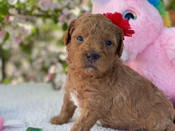 TEACUP GOLDENDOODLE PUPPIES, Precious Doodle Dogs, Teacup Doodle Dogs, Goldendoodle, Doodle Dog, Golden Doodles, Goldendoodle for sale, Goldendoodle puppies for sale, Miniature goldendoodle, goldendoodle puppies, mini goldendoodle, mini puppies, mini goldendoodle size, Mini Doodle Dogs, f1 goldendoodle, golden retriever poodle, chocolate goldendoodle, small doodles, goldendoodle temperament, goldendoodle colors, goldendoodle price, white goldendoodle, f2 goldendoodle, mini goldendoodle price, mini goldendoodle full grown, f1 mini goldendoodle, f1b goldendoodle, parti goldendoodle, goldendoodles near me, english goldendoodle, australian goldendoodle, red goldendoodle, doodle breeds, brown goldendoodle, goldendoodle cost, adult mini goldendoodle, golden noodle dog, doodle dog breeds, miniature golden doodle, miniature puppies, golden retriever poodle mix, A Star is Born, A star is born goldendoodle, a star is born dog, Bradley Cooper's Dog, Bradley Cooper Dog, Bradley Cooper's Goldendoodle, arizona goldendoodles, goldendoodle training, goldendoodle size, how big do mini goldendoodles get, goldendoodle full grown, baby goldendoodle, goldendoodle houston, golden doodles for sale, adult goldendoodle, apricot goldendoodle, goldendoodle grooming, mini golden doodles, goldendoodle shedding, f2b goldendoodle, goldendoodle hypoallergenic, goldendoodle names, english cream goldendoodle, golden retriever and poodle mix, mini goldendoodle puppies, micro goldendoodle, mini goldendoodle puppies for sale, miniature goldendoodle for sale, goldendoodle puppies for adoption, teddy bear goldendoodle, mini goldendoodle rescue, medium goldendoodle, black goldendoodle, mini goldendoodle for sale near me, goldendoodle puppies for sale near me, mini doodle, doodle puppies, mini goldendoodle for sale, goldendoodle breeders near me, miniature goldendoodle for sale near me, toy goldendoodle, petite goldendoodle, golden doodle dog, miniature goldendoodle puppies, mini goldendoodle puppies for sale near me, goldendoodles for sale near me, mini goldedoodle breeders, goldendoodle adoption, f1b mini goldendoodle, small goldendoodle, teacup goldendoodle, goldendoodle puppies near me, goldendoodle breeders, how to groom a goldendoodle, great doodle puppies, golden doodle mix, goldendoodle tampa, goldendoodle facts, white doodle dog, white goldendoodle puppy, mini goldendoodle maryland, country mini doodles, goldendoodle los angeles, toy labradoodle puppies for sale, types of goldendoodles, mini golden retriever puppies, golden goldendoodle, mini golden retriever puppies for sale, miniature australian goldendoodle, goldendoodle sacramento, goldendoodle omaha, labradoodle goldendoodle, f1 medium goldendoodle, BEST goldendoodles, pictures of mini goldendoodles, teacup goldendoodle full grown, micro mini goldendoodle full grown, toy goldendoodle price, goldendoodle chicago, retriever doodle, teacup goldendoodle puppies for sale, cute goldendoodle, mini teddy bear puppies, miniature goldendoodle full grown, f2 mini goldendoodle, goldendoodle spokane, mini goldendoodle chicago, micro mini goldendoodle, how nbig do miniature goldendoodles get, brown mini goldendoodle, mini doodle breeds, poodle doodle dog, what is a mini goldendoodle, black mini goldendoodle, mini irish doodle puppies for sale, f1b goldendoodle size, toy golden doodles, chocolate brown goldendoodle puppies for sale, petite goldendoodle full grown, goldendoodle behavior, american goldendoodle, f1b medium goldendoodle, goldendoodle puppy cost, cute goldendoodle puppies, goldendoodle indianapolis, teddy goldendoodle, mini goldendoodle weight, teddy bear golden doodles, f1b goldendoodle puppies for sale, miniature goldendoodle size, chocolate goldendoodle puppy, english cream mini goldendoodle, doodle puppies near me, red miniature goldendoodle, cream goldendoodle, goldendoodle puppy cut, mini goldendoodle hypoallergenic, dog breed goldendoodle, goldendoodle poodle mixes, goldendoodle allergies, goldendoodle info, sandy ridge goldendoodles, lakeshore goldendoodles, toy goldendoodle puppies for sale, labradoodle and goldendoodle, goldendoodle las vegas, goldendoodle phoenix, doodle breeders near me, miniature goldendoodle weight, black and white goldendoodle, sarasota goldendoodles, mini goldendoodle dallas, a goldendoodle, what is a goldendoodle, goldendoodle dallas, mini golden doodles for sale, ginger doodle puppy, how much does a mini goldendoodle cost, goldendoodle san antonio, goldendoodle photos, goldendoodle cuts, chocolate mini goldendoodle, all about goldendoodles, goldendoodle cincinnati, black doodle dog, goldendoodle weight, miniature goldendoodle breeders, goldendoodle information, miniature goldendoodle puppies for sale, doodle puppies for sale near me, black labradoodle puppies for sale, goldendoodle seattle, golden doodles near me, teacup goldendoodle for sale, golden retriever poodle puppy, goldendoodle rochester ny, goldendoodle and poodle mix, akc goldendoodle, goldendoodle kansas city, mini goldendoodle facts, goldendoodle austin, goldendoodle doodle, goldendoodle tulsa, curly goldendoodle, brown goldendoodle puppies, f1b labradoodle puppies for sale, red mini goldendoodle, goldendoodle poodle, chocolate goldendoodle for sale, tiny goldendoodle, goldendoodle puppies breeders, english goldendoodle puppies for sale, mini golden labradoodle, f1b mini teddy bear goldendoodles, red goldendoodle puppies for sale, miniature golden retriever breeders, f1 goldendoodles for sale, teacup goldendoodle puppies, toy mini goldendoodle, xs petite goldendoodle, f2 goldendoodle puppies for sale, mini goldendoodle cost, black goldendoodle for sale, english teddy bear goldendoodle, small doodle dogs, goldendoodle nashville, english goldendoodle puppies, golden retriever poodle mix for sale, red goldendoodle puppy, parti goldendoodles for sale, english cream goldendoodles for sale, doodle puppies for sale, golden retriever poodle mix puppies, goldendoodle tucson, f1b mini goldendoodle puppies for sale, mini goldendoodle breeders northeast, teddy bear goldendoodle, toy goldendoodle rescue, petite mini goldendoodle, goldendoodle stuff, mini goldendoodles near me, teddy bear goldendoodle puppies, f1 goldendoodle puppies, teddy bear goldendoodles for sale, silver goldendoodle, buy goldendoodle, mini golden doodle dog, teddy bear goldendoodles mini, micro mini goldendoodle puppies for sale, goldendoodle dogs for sale, best goldendoodle breeders, chocolate goldendoodle puppies for sale, doodle dogs for sale, toy goldendoodle puppies, mini doodle dog, toy goldendoodle breeders, doodles for sale, goldendoodle hypoallergenic dog, mini goldendoodle breeders near me, english goldendoodle breeders, f1b mini goldendoodle for sale, teacup goldendoodle price, petite goldendoodle for sale, mini english goldendoodle, mini goldendoodle info, miniature goldendoodle puppies for sale near me, black goldendoodle puppies for sale, f1 goldendoodle puppies for sale, Teacup Goldendoodles AL, Teacup Goldendoodles AK, Teacup Goldendoodles AZ, Teacup Goldendoodles AR, Teacup Goldendoodles CA, Teacup Goldendoodles CO, Teacup Goldendoodles CT, Teacup Goldendoodles DE, Teacup Goldendoodles FL, Teacup Goldendoodles GA, Teacup Goldendoodles HI, Teacup Goldendoodles ID, Teacup Goldendoodles IL, Teacup Goldendoodles IN, Teacup Goldendoodles IA, Teacup Goldendoodles KS, Teacup Goldendoodles KY, Teacup Goldendoodles LA, Teacup Goldendoodles ME, Teacup Goldendoodles MD, Teacup Goldendoodles MA, Teacup Goldendoodles MI, Teacup Goldendoodles MN, Teacup Goldendoodles MS, Teacup Goldendoodles MO, Teacup Goldendoodles MT, Teacup Goldendoodles NE, Teacup Goldendoodles NV, Teacup Goldendoodles NH, Teacup Goldendoodles NJ, Teacup Goldendoodles NM, Teacup Goldendoodles NY, Teacup Goldendoodles NC, Teacup Goldendoodles ND, Teacup Goldendoodles OH, Teacup Goldendoodles OK, Teacup Goldendoodles OR, Teacup Goldendoodles PA, Teacup Goldendoodles RI, Teacup Goldendoodles SC, Teacup Goldendoodles SD, Teacup Goldendoodles TN, Teacup Goldendoodles TX, Teacup Goldendoodles UT, Teacup Goldendoodles VT, Teacup Goldendoodles VA, Teacup Goldendoodles WA, Teacup Goldendoodles WV, Teacup Goldendoodles WI, Teacup Goldendoodles WY, Teacup Golden Doodles AL, Teacup Golden Doodles AK, Teacup Golden Doodles AZ, Teacup Golden Doodles AR, Teacup Golden Doodles CA, Teacup Golden Doodles CO, Teacup Golden Doodles CT, Teacup Golden Doodles DE, Teacup Golden Doodles FL, Teacup Golden Doodles GA, Teacup Golden Doodles HI, Teacup Golden Doodles ID, Teacup Golden Doodles IL, Teacup Golden Doodles IN, Teacup Golden Doodles IA, Teacup Golden Doodles KS, Teacup Golden Doodles KY, Teacup Golden Doodles LA, Teacup Golden Doodles ME, Teacup Golden Doodles MD, Teacup Golden Doodles MA, Teacup Golden Doodles MI, Teacup Golden Doodles MN, Teacup Golden Doodles MS, Teacup Golden Doodles MO, Teacup Golden Doodles MT, Teacup Golden Doodles NE, Teacup Golden Doodles NV, Teacup Golden Doodles NH, Teacup Golden Doodles NJ, Teacup Golden Doodles NM, Teacup Golden Doodles NY, Teacup Golden Doodles NC, Teacup Golden Doodles ND, Teacup Golden Doodles OH, Teacup Golden Doodles OK, Teacup Golden Doodles OR, Teacup Golden Doodles PA, Teacup Golden Doodles RI, Teacup Golden Doodles SC, Teacup Golden Doodles SD, Teacup Golden Doodles TN, Teacup Golden Doodles TX, Teacup Golden Doodles UT, Teacup Golden Doodles VT, Teacup Golden Doodles VA, Teacup Golden Doodles WA, Teacup Golden Doodles WV, Teacup Golden Doodles WI, Teacup Golden Doodles WY, Toy Goldendoodle Alabama, Toy Goldendoodle Alaska, Toy Goldendoodle Arizona, Toy Goldendoodle Arkansas, Toy Goldendoodle California, Toy Goldendoodle Colorado, Toy Goldendoodle Connecticut, Toy Goldendoodle Delaware, Toy Goldendoodle Florida, Toy Goldendoodle Georgia, Toy Goldendoodle Hawaii, Toy Goldendoodle Idaho, Toy Goldendoodle Illinois, Toy Goldendoodle Indiana, Toy Goldendoodle Iowa, Toy Goldendoodle Kansas, Toy Goldendoodle Kentucky, Toy Goldendoodle Louisiana, Toy Goldendoodle Maine, Toy Goldendoodle Maryland, Toy Goldendoodle Massachusetts, Toy Goldendoodle Michigan, Toy Goldendoodle Minnesota, Toy Goldendoodle Mississippi, Toy Goldendoodle Missouri, Toy Goldendoodle Montana, Toy Goldendoodle Nebraska, Toy Goldendoodle Nevada, Toy Goldendoodle New Hampshire, Toy Goldendoodle New Jersey, Toy Goldendoodle New Mexico, Toy Goldendoodle New York, Toy Goldendoodle North Carolina, Toy Goldendoodle North Dakota, Toy Goldendoodle Ohio, Toy Goldendoodle Oklahoma, Toy Goldendoodle Oregon, Toy Goldendoodle Pennsylvania, Toy Goldendoodle Rhode Island, Toy Goldendoodle South Carolina, Toy Goldendoodle South Dakota, Toy Goldendoodle Tennessee, Toy Goldendoodle Texas, Toy Goldendoodle Utah, Toy Goldendoodle Vermont, Toy Goldendoodle Virginia, Toy Goldendoodle Washington, Toy Goldendoodle West Virginia, Toy Goldendoodle Wisconsin, Toy Goldendoodle Wyoming, Teacup Goldendoodle breeders AL, Teacup Goldendoodle breeders AK, Teacup Goldendoodle breeders AZ, Teacup Goldendoodle breeders AR, Teacup Goldendoodle breeders CA, Teacup Goldendoodle breeders CO, Teacup Goldendoodle breeders CT, Teacup Goldendoodle breeders DE, Teacup Goldendoodle breeders FL, Teacup Goldendoodle breeders GA, Teacup Goldendoodle breeders HI, Teacup Goldendoodle breeders ID, Teacup Goldendoodle breeders IL, Teacup Goldendoodle breeders IN, Teacup Goldendoodle breeders IA, Teacup Goldendoodle breeders KS, Teacup Goldendoodle breeders KY, Teacup Goldendoodle breeders LA, Teacup Goldendoodle breeders ME, Teacup Goldendoodle breeders MD, Teacup Goldendoodle breeders MA, Teacup Goldendoodle breeders MI, Teacup Goldendoodle breeders MN, Teacup Goldendoodle breeders MS, Teacup Goldendoodle breeders MO, Teacup Goldendoodle breeders MT, Teacup Goldendoodle breeders NE, Teacup Goldendoodle breeders NV, Teacup Goldendoodle breeders NH, Teacup Goldendoodle breeders NJ, Teacup Goldendoodle breeders NM, Teacup Goldendoodle breeders NY, Teacup Goldendoodle breeders NC, Teacup Goldendoodle breeders ND, Teacup Goldendoodle breeders OH, Teacup Goldendoodle breeders OK, Teacup Goldendoodle breeders OR, Teacup Goldendoodle breeders PA, Teacup Goldendoodle breeders RI, Teacup Goldendoodle breeders SC, Teacup Goldendoodle breeders SD, Teacup Goldendoodle breeders TN, Teacup Goldendoodle breeders TX, Teacup Goldendoodle breeders UT, Teacup Goldendoodle breeders VT, Teacup Goldendoodle breeders VA, Teacup Goldendoodle breeders WA, Teacup Goldendoodle breeders WV, Teacup Goldendoodle breeders WI, Teacup Goldendoodle breeders WY, Teacup Golden doodle puppies for sale in AL, Teacup Golden doodle puppies for sale in AK, Teacup Golden doodle puppies for sale in AZ, Teacup Golden doodle puppies for sale in AR, Teacup Golden doodle puppies for sale in CA, Teacup Golden doodle puppies for sale in CO, Teacup Golden doodle puppies for sale in CT, Teacup Golden doodle puppies for sale in DE, Teacup Golden doodle puppies for sale in FL, Teacup Golden doodle puppies for sale in GA, Teacup Golden doodle puppies for sale in HI, Teacup Golden doodle puppies for sale in ID, Teacup Golden doodle puppies for sale in IL, Teacup Golden doodle puppies for sale in IN, Teacup Golden doodle puppies for sale in IA, Teacup Golden doodle puppies for sale in KS, Teacup Golden doodle puppies for sale in KY, Teacup Golden doodle puppies for sale in LA, Teacup Golden doodle puppies for sale in ME, Teacup Golden doodle puppies for sale in MD, Teacup Golden doodle puppies for sale in MA, Teacup Golden doodle puppies for sale in MI, Teacup Golden doodle puppies for sale in MN, Teacup Golden doodle puppies for sale in MS, Teacup Golden doodle puppies for sale in MO, Teacup Golden doodle puppies for sale in MT, Teacup Golden doodle puppies for sale in NE, Teacup Golden doodle puppies for sale in NV, Teacup Golden doodle puppies for sale in NH, Teacup Golden doodle puppies for sale in NJ, Teacup Golden doodle puppies for sale in NM, Teacup Golden doodle puppies for sale in NY, Teacup Golden doodle puppies for sale in NC, Teacup Golden doodle puppies for sale in ND, Teacup Golden doodle puppies for sale in OH, Teacup Golden doodle puppies for sale in OK, Teacup Golden doodle puppies for sale in OR, Teacup Golden doodle puppies for sale in PA, Teacup Golden doodle puppies for sale in RI, Teacup Golden doodle puppies for sale in SC, Teacup Golden doodle puppies for sale in SD, Teacup Golden doodle puppies for sale in TN, Teacup Golden doodle puppies for sale in TX, Teacup Golden doodle puppies for sale in UT, Teacup Golden doodle puppies for sale in VT, Teacup Golden doodle puppies for sale in VA, Teacup Golden doodle puppies for sale in WA, Teacup Golden doodle puppies for sale in WV, Teacup Golden doodle puppies for sale in WI, Teacup Golden doodle puppies for sale in WY, Teacup Goldendoodles for sale in AL, Teacup Goldendoodles for sale in AK, Teacup Goldendoodles for sale in AZ, Teacup Goldendoodles for sale in AR, Teacup Goldendoodles for sale in CA, Teacup Goldendoodles for sale in CO, Teacup Goldendoodles for sale in CT, Teacup Goldendoodles for sale in DE, Teacup Goldendoodles for sale in FL, Teacup Goldendoodles for sale in GA, Teacup Goldendoodles for sale in HI, Teacup Goldendoodles for sale in ID, Teacup Goldendoodles for sale in IL, Teacup Goldendoodles for sale in IN, Teacup Goldendoodles for sale in IA, Teacup Goldendoodles for sale in KS, Teacup Goldendoodles for sale in KY, Teacup Goldendoodles for sale in LA, Teacup Goldendoodles for sale in ME, Teacup Goldendoodles for sale in MD, Teacup Goldendoodles for sale in MA, Teacup Goldendoodles for sale in MI, Teacup Goldendoodles for sale in MN, Teacup Goldendoodles for sale in MS, Teacup Goldendoodles for sale in MO, Teacup Goldendoodles for sale in MT, Teacup Goldendoodles for sale in NE, Teacup Goldendoodles for sale in NV, Teacup Goldendoodles for sale in NH, Teacup Goldendoodles for sale in NJ, Teacup Goldendoodles for sale in NM, Teacup Goldendoodles for sale in NY, Teacup Goldendoodles for sale in NC, Teacup Goldendoodles for sale in ND, Teacup Goldendoodles for sale in OH, Teacup Goldendoodles for sale in OK, Teacup Goldendoodles for sale in OR, Teacup Goldendoodles for sale in PA, Teacup Goldendoodles for sale in RI, Teacup Goldendoodles for sale in SC, Teacup Goldendoodles for sale in SD, Teacup Goldendoodles for sale in TN, Teacup Goldendoodles for sale in TX, Teacup Goldendoodles for sale in UT, Teacup Goldendoodles for sale in VT, Teacup Goldendoodles for sale in VA, Teacup Goldendoodles for sale in WA, Teacup Goldendoodles for sale in WV, Teacup Goldendoodles for sale in WI, Teacup Goldendoodles for sale in WY, Teacup Goldendoodle Alabama, Teacup Goldendoodle Alaska, Teacup Goldendoodle Arizona, Teacup Goldendoodle Arkansas, Teacup Goldendoodle California, Teacup Goldendoodle Colorado, Teacup Goldendoodle Connecticut, Teacup Goldendoodle Delaware, Teacup Goldendoodle Florida, Teacup Goldendoodle Georgia, Teacup Goldendoodle Hawaii, Teacup Goldendoodle Idaho, Teacup Goldendoodle Illinois, Teacup Goldendoodle Indiana, Teacup Goldendoodle Iowa, Teacup Goldendoodle Kansas, Teacup Goldendoodle Kentucky, Teacup Goldendoodle Louisiana, Teacup Goldendoodle Maine, Teacup Goldendoodle Maryland, Teacup Goldendoodle Massachusetts, Teacup Goldendoodle Michigan, Teacup Goldendoodle Minnesota, Teacup Goldendoodle Mississippi, Teacup Goldendoodle Missouri, Teacup Goldendoodle Montana, Teacup Goldendoodle Nebraska, Teacup Goldendoodle Nevada, Teacup Goldendoodle New Hampshire, Teacup Goldendoodle New Jersey, Teacup Goldendoodle New Mexico, Teacup Goldendoodle New York, Teacup Goldendoodle North Carolina, Teacup Goldendoodle North Dakota, Teacup Goldendoodle Ohio, Teacup Goldendoodle Oklahoma, Teacup Goldendoodle Oregon, Teacup Goldendoodle Pennsylvania, Teacup Goldendoodle Rhode Island, Teacup Goldendoodle South Carolina, Teacup Goldendoodle South Dakota, Teacup Goldendoodle Tennessee, Teacup Goldendoodle Texas, Teacup Goldendoodle Utah, Teacup Goldendoodle Vermont, Teacup Goldendoodle Virginia, Teacup Goldendoodle Washington, Teacup Goldendoodle West Virginia, Teacup Goldendoodle Wisconsin, Teacup Goldendoodle Wyoming, Goldendoodle Breeders AL, Goldendoodle Breeders AK, Goldendoodle Breeders AZ, Goldendoodle Breeders AR, Goldendoodle Breeders CA, Goldendoodle Breeders CO, Goldendoodle Breeders CT, Goldendoodle Breeders DE, Goldendoodle Breeders FL, Goldendoodle Breeders GA, Goldendoodle Breeders HI, Goldendoodle Breeders ID, Goldendoodle Breeders IL, Goldendoodle Breeders IN, Goldendoodle Breeders IA, Goldendoodle Breeders KS, Goldendoodle Breeders KY, Goldendoodle Breeders LA, Goldendoodle Breeders ME, Goldendoodle Breeders MD, Goldendoodle Breeders MA, Goldendoodle Breeders MI, Goldendoodle Breeders MN, Goldendoodle Breeders MS, Goldendoodle Breeders MO, Goldendoodle Breeders MT, Goldendoodle Breeders NE, Goldendoodle Breeders NV, Goldendoodle Breeders NH, Goldendoodle Breeders NJ, Goldendoodle Breeders NM, Goldendoodle Breeders NY, Goldendoodle Breeders NC, Goldendoodle Breeders ND, Goldendoodle Breeders OH, Goldendoodle Breeders OK, Goldendoodle Breeders OR, Goldendoodle Breeders PA, Goldendoodle Breeders RI, Goldendoodle Breeders SC, Goldendoodle Breeders SD, Goldendoodle Breeders TN, Goldendoodle Breeders TX, Goldendoodle Breeders UT, Goldendoodle Breeders VT, Goldendoodle Breeders VA, Goldendoodle Breeders WA, Goldendoodle Breeders WV, Goldendoodle Breeders WI, Goldendoodle Breeders WY, Teacup Golden doodles for sale in AL, Teacup Golden doodles for sale in AK, Teacup Golden doodles for sale in AZ, Teacup Golden doodles for sale in AR, Teacup Golden doodles for sale in CA, Teacup Golden doodles for sale in CO, Teacup Golden doodles for sale in CT, Teacup Golden doodles for sale in DE, Teacup Golden doodles for sale in FL, Teacup Golden doodles for sale in GA, Teacup Golden doodles for sale in HI, Teacup Golden doodles for sale in ID, Teacup Golden doodles for sale in IL, Teacup Golden doodles for sale in IN, Teacup Golden doodles for sale in IA, Teacup Golden doodles for sale in KS, Teacup Golden doodles for sale in KY, Teacup Golden doodles for sale in LA, Teacup Golden doodles for sale in ME, Teacup Golden doodles for sale in MD, Teacup Golden doodles for sale in MA, Teacup Golden doodles for sale in MI, Teacup Golden doodles for sale in MN, Teacup Golden doodles for sale in MS, Teacup Golden doodles for sale in MO, Teacup Golden doodles for sale in MT, Teacup Golden doodles for sale in NE, Teacup Golden doodles for sale in NV, Teacup Golden doodles for sale in NH, Teacup Golden doodles for sale in NJ, Teacup Golden doodles for sale in NM, Teacup Golden doodles for sale in NY, Teacup Golden doodles for sale in NC, Teacup Golden doodles for sale in ND, Teacup Golden doodles for sale in OH, Teacup Golden doodles for sale in OK, Teacup Golden doodles for sale in OR, Teacup Golden doodles for sale in PA, Teacup Golden doodles for sale in RI, Teacup Golden doodles for sale in SC, Teacup Golden doodles for sale in SD, Teacup Golden doodles for sale in TN, Teacup Golden doodles for sale in TX, Teacup Golden doodles for sale in UT, Teacup Golden doodles for sale in VT, Teacup Golden doodles for sale in VA, Teacup Golden doodles for sale in WA, Teacup Golden doodles for sale in WV, Teacup Golden doodles for sale in WI, Teacup Golden doodles for sale in WY,