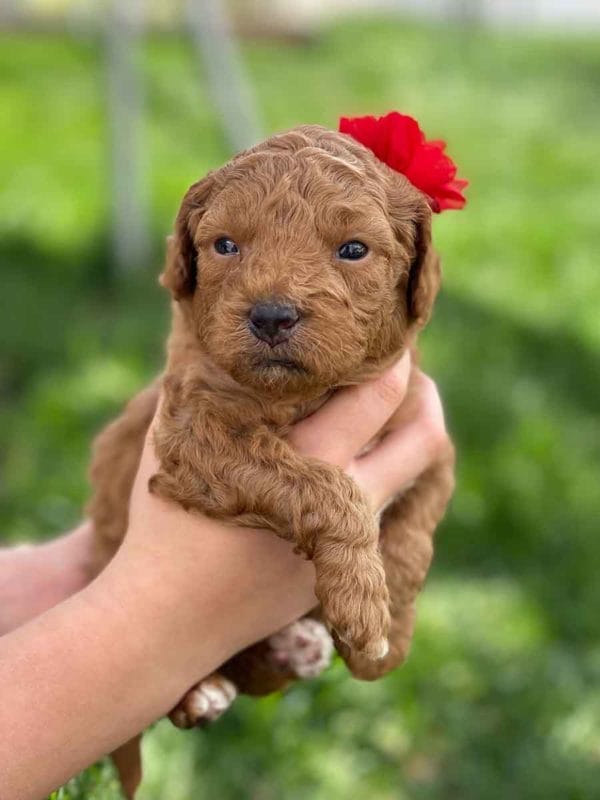TEACUP GOLDENDOODLE PUPPIES, Precious Doodle Dogs, Teacup Doodle Dogs, Goldendoodle, Doodle Dog, Golden Doodles, Goldendoodle for sale, Goldendoodle puppies for sale, Miniature goldendoodle, goldendoodle puppies, mini goldendoodle, mini puppies, mini goldendoodle size, Mini Doodle Dogs, f1 goldendoodle, golden retriever poodle, chocolate goldendoodle, small doodles, goldendoodle temperament, goldendoodle colors, goldendoodle price, white goldendoodle, f2 goldendoodle, mini goldendoodle price, mini goldendoodle full grown, f1 mini goldendoodle, f1b goldendoodle, parti goldendoodle, goldendoodles near me, english goldendoodle, australian goldendoodle, red goldendoodle, doodle breeds, brown goldendoodle, goldendoodle cost, adult mini goldendoodle, golden noodle dog, doodle dog breeds, miniature golden doodle, miniature puppies, golden retriever poodle mix, A Star is Born, A star is born goldendoodle, a star is born dog, Bradley Cooper's Dog, Bradley Cooper Dog, Bradley Cooper's Goldendoodle, arizona goldendoodles, goldendoodle training, goldendoodle size, how big do mini goldendoodles get, goldendoodle full grown, baby goldendoodle, goldendoodle houston, golden doodles for sale, adult goldendoodle, apricot goldendoodle, goldendoodle grooming, mini golden doodles, goldendoodle shedding, f2b goldendoodle, goldendoodle hypoallergenic, goldendoodle names, english cream goldendoodle, golden retriever and poodle mix, mini goldendoodle puppies, micro goldendoodle, mini goldendoodle puppies for sale, miniature goldendoodle for sale, goldendoodle puppies for adoption, teddy bear goldendoodle, mini goldendoodle rescue, medium goldendoodle, black goldendoodle, mini goldendoodle for sale near me, goldendoodle puppies for sale near me, mini doodle, doodle puppies, mini goldendoodle for sale, goldendoodle breeders near me, miniature goldendoodle for sale near me, toy goldendoodle, petite goldendoodle, golden doodle dog, miniature goldendoodle puppies, mini goldendoodle puppies for sale near me, goldendoodles for sale near me, mini goldedoodle breeders, goldendoodle adoption, f1b mini goldendoodle, small goldendoodle, teacup goldendoodle, goldendoodle puppies near me, goldendoodle breeders, how to groom a goldendoodle, great doodle puppies, golden doodle mix, goldendoodle tampa, goldendoodle facts, white doodle dog, white goldendoodle puppy, mini goldendoodle maryland, country mini doodles, goldendoodle los angeles, toy labradoodle puppies for sale, types of goldendoodles, mini golden retriever puppies, golden goldendoodle, mini golden retriever puppies for sale, miniature australian goldendoodle, goldendoodle sacramento, goldendoodle omaha, labradoodle goldendoodle, f1 medium goldendoodle, BEST goldendoodles, pictures of mini goldendoodles, teacup goldendoodle full grown, micro mini goldendoodle full grown, toy goldendoodle price, goldendoodle chicago, retriever doodle, teacup goldendoodle puppies for sale, cute goldendoodle, mini teddy bear puppies, miniature goldendoodle full grown, f2 mini goldendoodle, goldendoodle spokane, mini goldendoodle chicago, micro mini goldendoodle, how nbig do miniature goldendoodles get, brown mini goldendoodle, mini doodle breeds, poodle doodle dog, what is a mini goldendoodle, black mini goldendoodle, mini irish doodle puppies for sale, f1b goldendoodle size, toy golden doodles, chocolate brown goldendoodle puppies for sale, petite goldendoodle full grown, goldendoodle behavior, american goldendoodle, f1b medium goldendoodle, goldendoodle puppy cost, cute goldendoodle puppies, goldendoodle indianapolis, teddy goldendoodle, mini goldendoodle weight, teddy bear golden doodles, f1b goldendoodle puppies for sale, miniature goldendoodle size, chocolate goldendoodle puppy, english cream mini goldendoodle, doodle puppies near me, red miniature goldendoodle, cream goldendoodle, goldendoodle puppy cut, mini goldendoodle hypoallergenic, dog breed goldendoodle, goldendoodle poodle mixes, goldendoodle allergies, goldendoodle info, sandy ridge goldendoodles, lakeshore goldendoodles, toy goldendoodle puppies for sale, labradoodle and goldendoodle, goldendoodle las vegas, goldendoodle phoenix, doodle breeders near me, miniature goldendoodle weight, black and white goldendoodle, sarasota goldendoodles, mini goldendoodle dallas, a goldendoodle, what is a goldendoodle, goldendoodle dallas, mini golden doodles for sale, ginger doodle puppy, how much does a mini goldendoodle cost, goldendoodle san antonio, goldendoodle photos, goldendoodle cuts, chocolate mini goldendoodle, all about goldendoodles, goldendoodle cincinnati, black doodle dog, goldendoodle weight, miniature goldendoodle breeders, goldendoodle information, miniature goldendoodle puppies for sale, doodle puppies for sale near me, black labradoodle puppies for sale, goldendoodle seattle, golden doodles near me, teacup goldendoodle for sale, golden retriever poodle puppy, goldendoodle rochester ny, goldendoodle and poodle mix, akc goldendoodle, goldendoodle kansas city, mini goldendoodle facts, goldendoodle austin, goldendoodle doodle, goldendoodle tulsa, curly goldendoodle, brown goldendoodle puppies, f1b labradoodle puppies for sale, red mini goldendoodle, goldendoodle poodle, chocolate goldendoodle for sale, tiny goldendoodle, goldendoodle puppies breeders, english goldendoodle puppies for sale, mini golden labradoodle, f1b mini teddy bear goldendoodles, red goldendoodle puppies for sale, miniature golden retriever breeders, f1 goldendoodles for sale, teacup goldendoodle puppies, toy mini goldendoodle, xs petite goldendoodle, f2 goldendoodle puppies for sale, mini goldendoodle cost, black goldendoodle for sale, english teddy bear goldendoodle, small doodle dogs, goldendoodle nashville, english goldendoodle puppies, golden retriever poodle mix for sale, red goldendoodle puppy, parti goldendoodles for sale, english cream goldendoodles for sale, doodle puppies for sale, golden retriever poodle mix puppies, goldendoodle tucson, f1b mini goldendoodle puppies for sale, mini goldendoodle breeders northeast, teddy bear goldendoodle, toy goldendoodle rescue, petite mini goldendoodle, goldendoodle stuff, mini goldendoodles near me, teddy bear goldendoodle puppies, f1 goldendoodle puppies, teddy bear goldendoodles for sale, silver goldendoodle, buy goldendoodle, mini golden doodle dog, teddy bear goldendoodles mini, micro mini goldendoodle puppies for sale, goldendoodle dogs for sale, best goldendoodle breeders, chocolate goldendoodle puppies for sale, doodle dogs for sale, toy goldendoodle puppies, mini doodle dog, toy goldendoodle breeders, doodles for sale, goldendoodle hypoallergenic dog, mini goldendoodle breeders near me, english goldendoodle breeders, f1b mini goldendoodle for sale, teacup goldendoodle price, petite goldendoodle for sale, mini english goldendoodle, mini goldendoodle info, miniature goldendoodle puppies for sale near me, black goldendoodle puppies for sale, f1 goldendoodle puppies for sale, Teacup Goldendoodles AL, Teacup Goldendoodles AK, Teacup Goldendoodles AZ, Teacup Goldendoodles AR, Teacup Goldendoodles CA, Teacup Goldendoodles CO, Teacup Goldendoodles CT, Teacup Goldendoodles DE, Teacup Goldendoodles FL, Teacup Goldendoodles GA, Teacup Goldendoodles HI, Teacup Goldendoodles ID, Teacup Goldendoodles IL, Teacup Goldendoodles IN, Teacup Goldendoodles IA, Teacup Goldendoodles KS, Teacup Goldendoodles KY, Teacup Goldendoodles LA, Teacup Goldendoodles ME, Teacup Goldendoodles MD, Teacup Goldendoodles MA, Teacup Goldendoodles MI, Teacup Goldendoodles MN, Teacup Goldendoodles MS, Teacup Goldendoodles MO, Teacup Goldendoodles MT, Teacup Goldendoodles NE, Teacup Goldendoodles NV, Teacup Goldendoodles NH, Teacup Goldendoodles NJ, Teacup Goldendoodles NM, Teacup Goldendoodles NY, Teacup Goldendoodles NC, Teacup Goldendoodles ND, Teacup Goldendoodles OH, Teacup Goldendoodles OK, Teacup Goldendoodles OR, Teacup Goldendoodles PA, Teacup Goldendoodles RI, Teacup Goldendoodles SC, Teacup Goldendoodles SD, Teacup Goldendoodles TN, Teacup Goldendoodles TX, Teacup Goldendoodles UT, Teacup Goldendoodles VT, Teacup Goldendoodles VA, Teacup Goldendoodles WA, Teacup Goldendoodles WV, Teacup Goldendoodles WI, Teacup Goldendoodles WY, Teacup Golden Doodles AL, Teacup Golden Doodles AK, Teacup Golden Doodles AZ, Teacup Golden Doodles AR, Teacup Golden Doodles CA, Teacup Golden Doodles CO, Teacup Golden Doodles CT, Teacup Golden Doodles DE, Teacup Golden Doodles FL, Teacup Golden Doodles GA, Teacup Golden Doodles HI, Teacup Golden Doodles ID, Teacup Golden Doodles IL, Teacup Golden Doodles IN, Teacup Golden Doodles IA, Teacup Golden Doodles KS, Teacup Golden Doodles KY, Teacup Golden Doodles LA, Teacup Golden Doodles ME, Teacup Golden Doodles MD, Teacup Golden Doodles MA, Teacup Golden Doodles MI, Teacup Golden Doodles MN, Teacup Golden Doodles MS, Teacup Golden Doodles MO, Teacup Golden Doodles MT, Teacup Golden Doodles NE, Teacup Golden Doodles NV, Teacup Golden Doodles NH, Teacup Golden Doodles NJ, Teacup Golden Doodles NM, Teacup Golden Doodles NY, Teacup Golden Doodles NC, Teacup Golden Doodles ND, Teacup Golden Doodles OH, Teacup Golden Doodles OK, Teacup Golden Doodles OR, Teacup Golden Doodles PA, Teacup Golden Doodles RI, Teacup Golden Doodles SC, Teacup Golden Doodles SD, Teacup Golden Doodles TN, Teacup Golden Doodles TX, Teacup Golden Doodles UT, Teacup Golden Doodles VT, Teacup Golden Doodles VA, Teacup Golden Doodles WA, Teacup Golden Doodles WV, Teacup Golden Doodles WI, Teacup Golden Doodles WY, Toy Goldendoodle Alabama, Toy Goldendoodle Alaska, Toy Goldendoodle Arizona, Toy Goldendoodle Arkansas, Toy Goldendoodle California, Toy Goldendoodle Colorado, Toy Goldendoodle Connecticut, Toy Goldendoodle Delaware, Toy Goldendoodle Florida, Toy Goldendoodle Georgia, Toy Goldendoodle Hawaii, Toy Goldendoodle Idaho, Toy Goldendoodle Illinois, Toy Goldendoodle Indiana, Toy Goldendoodle Iowa, Toy Goldendoodle Kansas, Toy Goldendoodle Kentucky, Toy Goldendoodle Louisiana, Toy Goldendoodle Maine, Toy Goldendoodle Maryland, Toy Goldendoodle Massachusetts, Toy Goldendoodle Michigan, Toy Goldendoodle Minnesota, Toy Goldendoodle Mississippi, Toy Goldendoodle Missouri, Toy Goldendoodle Montana, Toy Goldendoodle Nebraska, Toy Goldendoodle Nevada, Toy Goldendoodle New Hampshire, Toy Goldendoodle New Jersey, Toy Goldendoodle New Mexico, Toy Goldendoodle New York, Toy Goldendoodle North Carolina, Toy Goldendoodle North Dakota, Toy Goldendoodle Ohio, Toy Goldendoodle Oklahoma, Toy Goldendoodle Oregon, Toy Goldendoodle Pennsylvania, Toy Goldendoodle Rhode Island, Toy Goldendoodle South Carolina, Toy Goldendoodle South Dakota, Toy Goldendoodle Tennessee, Toy Goldendoodle Texas, Toy Goldendoodle Utah, Toy Goldendoodle Vermont, Toy Goldendoodle Virginia, Toy Goldendoodle Washington, Toy Goldendoodle West Virginia, Toy Goldendoodle Wisconsin, Toy Goldendoodle Wyoming, Teacup Goldendoodle breeders AL, Teacup Goldendoodle breeders AK, Teacup Goldendoodle breeders AZ, Teacup Goldendoodle breeders AR, Teacup Goldendoodle breeders CA, Teacup Goldendoodle breeders CO, Teacup Goldendoodle breeders CT, Teacup Goldendoodle breeders DE, Teacup Goldendoodle breeders FL, Teacup Goldendoodle breeders GA, Teacup Goldendoodle breeders HI, Teacup Goldendoodle breeders ID, Teacup Goldendoodle breeders IL, Teacup Goldendoodle breeders IN, Teacup Goldendoodle breeders IA, Teacup Goldendoodle breeders KS, Teacup Goldendoodle breeders KY, Teacup Goldendoodle breeders LA, Teacup Goldendoodle breeders ME, Teacup Goldendoodle breeders MD, Teacup Goldendoodle breeders MA, Teacup Goldendoodle breeders MI, Teacup Goldendoodle breeders MN, Teacup Goldendoodle breeders MS, Teacup Goldendoodle breeders MO, Teacup Goldendoodle breeders MT, Teacup Goldendoodle breeders NE, Teacup Goldendoodle breeders NV, Teacup Goldendoodle breeders NH, Teacup Goldendoodle breeders NJ, Teacup Goldendoodle breeders NM, Teacup Goldendoodle breeders NY, Teacup Goldendoodle breeders NC, Teacup Goldendoodle breeders ND, Teacup Goldendoodle breeders OH, Teacup Goldendoodle breeders OK, Teacup Goldendoodle breeders OR, Teacup Goldendoodle breeders PA, Teacup Goldendoodle breeders RI, Teacup Goldendoodle breeders SC, Teacup Goldendoodle breeders SD, Teacup Goldendoodle breeders TN, Teacup Goldendoodle breeders TX, Teacup Goldendoodle breeders UT, Teacup Goldendoodle breeders VT, Teacup Goldendoodle breeders VA, Teacup Goldendoodle breeders WA, Teacup Goldendoodle breeders WV, Teacup Goldendoodle breeders WI, Teacup Goldendoodle breeders WY, Teacup Golden doodle puppies for sale in AL, Teacup Golden doodle puppies for sale in AK, Teacup Golden doodle puppies for sale in AZ, Teacup Golden doodle puppies for sale in AR, Teacup Golden doodle puppies for sale in CA, Teacup Golden doodle puppies for sale in CO, Teacup Golden doodle puppies for sale in CT, Teacup Golden doodle puppies for sale in DE, Teacup Golden doodle puppies for sale in FL, Teacup Golden doodle puppies for sale in GA, Teacup Golden doodle puppies for sale in HI, Teacup Golden doodle puppies for sale in ID, Teacup Golden doodle puppies for sale in IL, Teacup Golden doodle puppies for sale in IN, Teacup Golden doodle puppies for sale in IA, Teacup Golden doodle puppies for sale in KS, Teacup Golden doodle puppies for sale in KY, Teacup Golden doodle puppies for sale in LA, Teacup Golden doodle puppies for sale in ME, Teacup Golden doodle puppies for sale in MD, Teacup Golden doodle puppies for sale in MA, Teacup Golden doodle puppies for sale in MI, Teacup Golden doodle puppies for sale in MN, Teacup Golden doodle puppies for sale in MS, Teacup Golden doodle puppies for sale in MO, Teacup Golden doodle puppies for sale in MT, Teacup Golden doodle puppies for sale in NE, Teacup Golden doodle puppies for sale in NV, Teacup Golden doodle puppies for sale in NH, Teacup Golden doodle puppies for sale in NJ, Teacup Golden doodle puppies for sale in NM, Teacup Golden doodle puppies for sale in NY, Teacup Golden doodle puppies for sale in NC, Teacup Golden doodle puppies for sale in ND, Teacup Golden doodle puppies for sale in OH, Teacup Golden doodle puppies for sale in OK, Teacup Golden doodle puppies for sale in OR, Teacup Golden doodle puppies for sale in PA, Teacup Golden doodle puppies for sale in RI, Teacup Golden doodle puppies for sale in SC, Teacup Golden doodle puppies for sale in SD, Teacup Golden doodle puppies for sale in TN, Teacup Golden doodle puppies for sale in TX, Teacup Golden doodle puppies for sale in UT, Teacup Golden doodle puppies for sale in VT, Teacup Golden doodle puppies for sale in VA, Teacup Golden doodle puppies for sale in WA, Teacup Golden doodle puppies for sale in WV, Teacup Golden doodle puppies for sale in WI, Teacup Golden doodle puppies for sale in WY, Teacup Goldendoodles for sale in AL, Teacup Goldendoodles for sale in AK, Teacup Goldendoodles for sale in AZ, Teacup Goldendoodles for sale in AR, Teacup Goldendoodles for sale in CA, Teacup Goldendoodles for sale in CO, Teacup Goldendoodles for sale in CT, Teacup Goldendoodles for sale in DE, Teacup Goldendoodles for sale in FL, Teacup Goldendoodles for sale in GA, Teacup Goldendoodles for sale in HI, Teacup Goldendoodles for sale in ID, Teacup Goldendoodles for sale in IL, Teacup Goldendoodles for sale in IN, Teacup Goldendoodles for sale in IA, Teacup Goldendoodles for sale in KS, Teacup Goldendoodles for sale in KY, Teacup Goldendoodles for sale in LA, Teacup Goldendoodles for sale in ME, Teacup Goldendoodles for sale in MD, Teacup Goldendoodles for sale in MA, Teacup Goldendoodles for sale in MI, Teacup Goldendoodles for sale in MN, Teacup Goldendoodles for sale in MS, Teacup Goldendoodles for sale in MO, Teacup Goldendoodles for sale in MT, Teacup Goldendoodles for sale in NE, Teacup Goldendoodles for sale in NV, Teacup Goldendoodles for sale in NH, Teacup Goldendoodles for sale in NJ, Teacup Goldendoodles for sale in NM, Teacup Goldendoodles for sale in NY, Teacup Goldendoodles for sale in NC, Teacup Goldendoodles for sale in ND, Teacup Goldendoodles for sale in OH, Teacup Goldendoodles for sale in OK, Teacup Goldendoodles for sale in OR, Teacup Goldendoodles for sale in PA, Teacup Goldendoodles for sale in RI, Teacup Goldendoodles for sale in SC, Teacup Goldendoodles for sale in SD, Teacup Goldendoodles for sale in TN, Teacup Goldendoodles for sale in TX, Teacup Goldendoodles for sale in UT, Teacup Goldendoodles for sale in VT, Teacup Goldendoodles for sale in VA, Teacup Goldendoodles for sale in WA, Teacup Goldendoodles for sale in WV, Teacup Goldendoodles for sale in WI, Teacup Goldendoodles for sale in WY, Teacup Goldendoodle Alabama, Teacup Goldendoodle Alaska, Teacup Goldendoodle Arizona, Teacup Goldendoodle Arkansas, Teacup Goldendoodle California, Teacup Goldendoodle Colorado, Teacup Goldendoodle Connecticut, Teacup Goldendoodle Delaware, Teacup Goldendoodle Florida, Teacup Goldendoodle Georgia, Teacup Goldendoodle Hawaii, Teacup Goldendoodle Idaho, Teacup Goldendoodle Illinois, Teacup Goldendoodle Indiana, Teacup Goldendoodle Iowa, Teacup Goldendoodle Kansas, Teacup Goldendoodle Kentucky, Teacup Goldendoodle Louisiana, Teacup Goldendoodle Maine, Teacup Goldendoodle Maryland, Teacup Goldendoodle Massachusetts, Teacup Goldendoodle Michigan, Teacup Goldendoodle Minnesota, Teacup Goldendoodle Mississippi, Teacup Goldendoodle Missouri, Teacup Goldendoodle Montana, Teacup Goldendoodle Nebraska, Teacup Goldendoodle Nevada, Teacup Goldendoodle New Hampshire, Teacup Goldendoodle New Jersey, Teacup Goldendoodle New Mexico, Teacup Goldendoodle New York, Teacup Goldendoodle North Carolina, Teacup Goldendoodle North Dakota, Teacup Goldendoodle Ohio, Teacup Goldendoodle Oklahoma, Teacup Goldendoodle Oregon, Teacup Goldendoodle Pennsylvania, Teacup Goldendoodle Rhode Island, Teacup Goldendoodle South Carolina, Teacup Goldendoodle South Dakota, Teacup Goldendoodle Tennessee, Teacup Goldendoodle Texas, Teacup Goldendoodle Utah, Teacup Goldendoodle Vermont, Teacup Goldendoodle Virginia, Teacup Goldendoodle Washington, Teacup Goldendoodle West Virginia, Teacup Goldendoodle Wisconsin, Teacup Goldendoodle Wyoming, Goldendoodle Breeders AL, Goldendoodle Breeders AK, Goldendoodle Breeders AZ, Goldendoodle Breeders AR, Goldendoodle Breeders CA, Goldendoodle Breeders CO, Goldendoodle Breeders CT, Goldendoodle Breeders DE, Goldendoodle Breeders FL, Goldendoodle Breeders GA, Goldendoodle Breeders HI, Goldendoodle Breeders ID, Goldendoodle Breeders IL, Goldendoodle Breeders IN, Goldendoodle Breeders IA, Goldendoodle Breeders KS, Goldendoodle Breeders KY, Goldendoodle Breeders LA, Goldendoodle Breeders ME, Goldendoodle Breeders MD, Goldendoodle Breeders MA, Goldendoodle Breeders MI, Goldendoodle Breeders MN, Goldendoodle Breeders MS, Goldendoodle Breeders MO, Goldendoodle Breeders MT, Goldendoodle Breeders NE, Goldendoodle Breeders NV, Goldendoodle Breeders NH, Goldendoodle Breeders NJ, Goldendoodle Breeders NM, Goldendoodle Breeders NY, Goldendoodle Breeders NC, Goldendoodle Breeders ND, Goldendoodle Breeders OH, Goldendoodle Breeders OK, Goldendoodle Breeders OR, Goldendoodle Breeders PA, Goldendoodle Breeders RI, Goldendoodle Breeders SC, Goldendoodle Breeders SD, Goldendoodle Breeders TN, Goldendoodle Breeders TX, Goldendoodle Breeders UT, Goldendoodle Breeders VT, Goldendoodle Breeders VA, Goldendoodle Breeders WA, Goldendoodle Breeders WV, Goldendoodle Breeders WI, Goldendoodle Breeders WY, Teacup Golden doodles for sale in AL, Teacup Golden doodles for sale in AK, Teacup Golden doodles for sale in AZ, Teacup Golden doodles for sale in AR, Teacup Golden doodles for sale in CA, Teacup Golden doodles for sale in CO, Teacup Golden doodles for sale in CT, Teacup Golden doodles for sale in DE, Teacup Golden doodles for sale in FL, Teacup Golden doodles for sale in GA, Teacup Golden doodles for sale in HI, Teacup Golden doodles for sale in ID, Teacup Golden doodles for sale in IL, Teacup Golden doodles for sale in IN, Teacup Golden doodles for sale in IA, Teacup Golden doodles for sale in KS, Teacup Golden doodles for sale in KY, Teacup Golden doodles for sale in LA, Teacup Golden doodles for sale in ME, Teacup Golden doodles for sale in MD, Teacup Golden doodles for sale in MA, Teacup Golden doodles for sale in MI, Teacup Golden doodles for sale in MN, Teacup Golden doodles for sale in MS, Teacup Golden doodles for sale in MO, Teacup Golden doodles for sale in MT, Teacup Golden doodles for sale in NE, Teacup Golden doodles for sale in NV, Teacup Golden doodles for sale in NH, Teacup Golden doodles for sale in NJ, Teacup Golden doodles for sale in NM, Teacup Golden doodles for sale in NY, Teacup Golden doodles for sale in NC, Teacup Golden doodles for sale in ND, Teacup Golden doodles for sale in OH, Teacup Golden doodles for sale in OK, Teacup Golden doodles for sale in OR, Teacup Golden doodles for sale in PA, Teacup Golden doodles for sale in RI, Teacup Golden doodles for sale in SC, Teacup Golden doodles for sale in SD, Teacup Golden doodles for sale in TN, Teacup Golden doodles for sale in TX, Teacup Golden doodles for sale in UT, Teacup Golden doodles for sale in VT, Teacup Golden doodles for sale in VA, Teacup Golden doodles for sale in WA, Teacup Golden doodles for sale in WV, Teacup Golden doodles for sale in WI, Teacup Golden doodles for sale in WY,