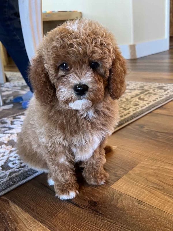 Riff - Toy Cavapoo Boy