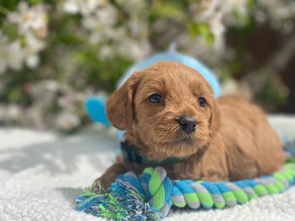 TEACUP GOLDENDOODLE PUPPIES, Precious Doodle Dogs, Teacup Doodle Dogs, Goldendoodle, Doodle Dog, Golden Doodles, Goldendoodle for sale, Goldendoodle puppies for sale, Miniature goldendoodle, goldendoodle puppies, mini goldendoodle, mini puppies, mini goldendoodle size, Mini Doodle Dogs, f1 goldendoodle, golden retriever poodle, chocolate goldendoodle, small doodles, goldendoodle temperament, goldendoodle colors, goldendoodle price, white goldendoodle, f2 goldendoodle, mini goldendoodle price, mini goldendoodle full grown, f1 mini goldendoodle, f1b goldendoodle, parti goldendoodle, goldendoodles near me, english goldendoodle, australian goldendoodle, red goldendoodle, doodle breeds, brown goldendoodle, goldendoodle cost, adult mini goldendoodle, golden noodle dog, doodle dog breeds, miniature golden doodle, miniature puppies, golden retriever poodle mix, A Star is Born, A star is born goldendoodle, a star is born dog, Bradley Cooper's Dog, Bradley Cooper Dog, Bradley Cooper's Goldendoodle, arizona goldendoodles, goldendoodle training, goldendoodle size, how big do mini goldendoodles get, goldendoodle full grown, baby goldendoodle, goldendoodle houston, golden doodles for sale, adult goldendoodle, apricot goldendoodle, goldendoodle grooming, mini golden doodles, goldendoodle shedding, f2b goldendoodle, goldendoodle hypoallergenic, goldendoodle names, english cream goldendoodle, golden retriever and poodle mix, mini goldendoodle puppies, micro goldendoodle, mini goldendoodle puppies for sale, miniature goldendoodle for sale, goldendoodle puppies for adoption, teddy bear goldendoodle, mini goldendoodle rescue, medium goldendoodle, black goldendoodle, mini goldendoodle for sale near me, goldendoodle puppies for sale near me, mini doodle, doodle puppies, mini goldendoodle for sale, goldendoodle breeders near me, miniature goldendoodle for sale near me, toy goldendoodle, petite goldendoodle, golden doodle dog, miniature goldendoodle puppies, mini goldendoodle puppies for sale near me, goldendoodles for sale near me, mini goldedoodle breeders, goldendoodle adoption, f1b mini goldendoodle, small goldendoodle, teacup goldendoodle, goldendoodle puppies near me, goldendoodle breeders, how to groom a goldendoodle, great doodle puppies, golden doodle mix, goldendoodle tampa, goldendoodle facts, white doodle dog, white goldendoodle puppy, mini goldendoodle maryland, country mini doodles, goldendoodle los angeles, toy labradoodle puppies for sale, types of goldendoodles, mini golden retriever puppies, golden goldendoodle, mini golden retriever puppies for sale, miniature australian goldendoodle, goldendoodle sacramento, goldendoodle omaha, labradoodle goldendoodle, f1 medium goldendoodle, BEST goldendoodles, pictures of mini goldendoodles, teacup goldendoodle full grown, micro mini goldendoodle full grown, toy goldendoodle price, goldendoodle chicago, retriever doodle, teacup goldendoodle puppies for sale, cute goldendoodle, mini teddy bear puppies, miniature goldendoodle full grown, f2 mini goldendoodle, goldendoodle spokane, mini goldendoodle chicago, micro mini goldendoodle, how nbig do miniature goldendoodles get, brown mini goldendoodle, mini doodle breeds, poodle doodle dog, what is a mini goldendoodle, black mini goldendoodle, mini irish doodle puppies for sale, f1b goldendoodle size, toy golden doodles, chocolate brown goldendoodle puppies for sale, petite goldendoodle full grown, goldendoodle behavior, american goldendoodle, f1b medium goldendoodle, goldendoodle puppy cost, cute goldendoodle puppies, goldendoodle indianapolis, teddy goldendoodle, mini goldendoodle weight, teddy bear golden doodles, f1b goldendoodle puppies for sale, miniature goldendoodle size, chocolate goldendoodle puppy, english cream mini goldendoodle, doodle puppies near me, red miniature goldendoodle, cream goldendoodle, goldendoodle puppy cut, mini goldendoodle hypoallergenic, dog breed goldendoodle, goldendoodle poodle mixes, goldendoodle allergies, goldendoodle info, sandy ridge goldendoodles, lakeshore goldendoodles, toy goldendoodle puppies for sale, labradoodle and goldendoodle, goldendoodle las vegas, goldendoodle phoenix, doodle breeders near me, miniature goldendoodle weight, black and white goldendoodle, sarasota goldendoodles, mini goldendoodle dallas, a goldendoodle, what is a goldendoodle, goldendoodle dallas, mini golden doodles for sale, ginger doodle puppy, how much does a mini goldendoodle cost, goldendoodle san antonio, goldendoodle photos, goldendoodle cuts, chocolate mini goldendoodle, all about goldendoodles, goldendoodle cincinnati, black doodle dog, goldendoodle weight, miniature goldendoodle breeders, goldendoodle information, miniature goldendoodle puppies for sale, doodle puppies for sale near me, black labradoodle puppies for sale, goldendoodle seattle, golden doodles near me, teacup goldendoodle for sale, golden retriever poodle puppy, goldendoodle rochester ny, goldendoodle and poodle mix, akc goldendoodle, goldendoodle kansas city, mini goldendoodle facts, goldendoodle austin, goldendoodle doodle, goldendoodle tulsa, curly goldendoodle, brown goldendoodle puppies, f1b labradoodle puppies for sale, red mini goldendoodle, goldendoodle poodle, chocolate goldendoodle for sale, tiny goldendoodle, goldendoodle puppies breeders, english goldendoodle puppies for sale, mini golden labradoodle, f1b mini teddy bear goldendoodles, red goldendoodle puppies for sale, miniature golden retriever breeders, f1 goldendoodles for sale, teacup goldendoodle puppies, toy mini goldendoodle, xs petite goldendoodle, f2 goldendoodle puppies for sale, mini goldendoodle cost, black goldendoodle for sale, english teddy bear goldendoodle, small doodle dogs, goldendoodle nashville, english goldendoodle puppies, golden retriever poodle mix for sale, red goldendoodle puppy, parti goldendoodles for sale, english cream goldendoodles for sale, doodle puppies for sale, golden retriever poodle mix puppies, goldendoodle tucson, f1b mini goldendoodle puppies for sale, mini goldendoodle breeders northeast, teddy bear goldendoodle, toy goldendoodle rescue, petite mini goldendoodle, goldendoodle stuff, mini goldendoodles near me, teddy bear goldendoodle puppies, f1 goldendoodle puppies, teddy bear goldendoodles for sale, silver goldendoodle, buy goldendoodle, mini golden doodle dog, teddy bear goldendoodles mini, micro mini goldendoodle puppies for sale, goldendoodle dogs for sale, best goldendoodle breeders, chocolate goldendoodle puppies for sale, doodle dogs for sale, toy goldendoodle puppies, mini doodle dog, toy goldendoodle breeders, doodles for sale, goldendoodle hypoallergenic dog, mini goldendoodle breeders near me, english goldendoodle breeders, f1b mini goldendoodle for sale, teacup goldendoodle price, petite goldendoodle for sale, mini english goldendoodle, mini goldendoodle info, miniature goldendoodle puppies for sale near me, black goldendoodle puppies for sale, f1 goldendoodle puppies for sale, Teacup Goldendoodles AL, Teacup Goldendoodles AK, Teacup Goldendoodles AZ, Teacup Goldendoodles AR, Teacup Goldendoodles CA, Teacup Goldendoodles CO, Teacup Goldendoodles CT, Teacup Goldendoodles DE, Teacup Goldendoodles FL, Teacup Goldendoodles GA, Teacup Goldendoodles HI, Teacup Goldendoodles ID, Teacup Goldendoodles IL, Teacup Goldendoodles IN, Teacup Goldendoodles IA, Teacup Goldendoodles KS, Teacup Goldendoodles KY, Teacup Goldendoodles LA, Teacup Goldendoodles ME, Teacup Goldendoodles MD, Teacup Goldendoodles MA, Teacup Goldendoodles MI, Teacup Goldendoodles MN, Teacup Goldendoodles MS, Teacup Goldendoodles MO, Teacup Goldendoodles MT, Teacup Goldendoodles NE, Teacup Goldendoodles NV, Teacup Goldendoodles NH, Teacup Goldendoodles NJ, Teacup Goldendoodles NM, Teacup Goldendoodles NY, Teacup Goldendoodles NC, Teacup Goldendoodles ND, Teacup Goldendoodles OH, Teacup Goldendoodles OK, Teacup Goldendoodles OR, Teacup Goldendoodles PA, Teacup Goldendoodles RI, Teacup Goldendoodles SC, Teacup Goldendoodles SD, Teacup Goldendoodles TN, Teacup Goldendoodles TX, Teacup Goldendoodles UT, Teacup Goldendoodles VT, Teacup Goldendoodles VA, Teacup Goldendoodles WA, Teacup Goldendoodles WV, Teacup Goldendoodles WI, Teacup Goldendoodles WY, Teacup Golden Doodles AL, Teacup Golden Doodles AK, Teacup Golden Doodles AZ, Teacup Golden Doodles AR, Teacup Golden Doodles CA, Teacup Golden Doodles CO, Teacup Golden Doodles CT, Teacup Golden Doodles DE, Teacup Golden Doodles FL, Teacup Golden Doodles GA, Teacup Golden Doodles HI, Teacup Golden Doodles ID, Teacup Golden Doodles IL, Teacup Golden Doodles IN, Teacup Golden Doodles IA, Teacup Golden Doodles KS, Teacup Golden Doodles KY, Teacup Golden Doodles LA, Teacup Golden Doodles ME, Teacup Golden Doodles MD, Teacup Golden Doodles MA, Teacup Golden Doodles MI, Teacup Golden Doodles MN, Teacup Golden Doodles MS, Teacup Golden Doodles MO, Teacup Golden Doodles MT, Teacup Golden Doodles NE, Teacup Golden Doodles NV, Teacup Golden Doodles NH, Teacup Golden Doodles NJ, Teacup Golden Doodles NM, Teacup Golden Doodles NY, Teacup Golden Doodles NC, Teacup Golden Doodles ND, Teacup Golden Doodles OH, Teacup Golden Doodles OK, Teacup Golden Doodles OR, Teacup Golden Doodles PA, Teacup Golden Doodles RI, Teacup Golden Doodles SC, Teacup Golden Doodles SD, Teacup Golden Doodles TN, Teacup Golden Doodles TX, Teacup Golden Doodles UT, Teacup Golden Doodles VT, Teacup Golden Doodles VA, Teacup Golden Doodles WA, Teacup Golden Doodles WV, Teacup Golden Doodles WI, Teacup Golden Doodles WY, Toy Goldendoodle Alabama, Toy Goldendoodle Alaska, Toy Goldendoodle Arizona, Toy Goldendoodle Arkansas, Toy Goldendoodle California, Toy Goldendoodle Colorado, Toy Goldendoodle Connecticut, Toy Goldendoodle Delaware, Toy Goldendoodle Florida, Toy Goldendoodle Georgia, Toy Goldendoodle Hawaii, Toy Goldendoodle Idaho, Toy Goldendoodle Illinois, Toy Goldendoodle Indiana, Toy Goldendoodle Iowa, Toy Goldendoodle Kansas, Toy Goldendoodle Kentucky, Toy Goldendoodle Louisiana, Toy Goldendoodle Maine, Toy Goldendoodle Maryland, Toy Goldendoodle Massachusetts, Toy Goldendoodle Michigan, Toy Goldendoodle Minnesota, Toy Goldendoodle Mississippi, Toy Goldendoodle Missouri, Toy Goldendoodle Montana, Toy Goldendoodle Nebraska, Toy Goldendoodle Nevada, Toy Goldendoodle New Hampshire, Toy Goldendoodle New Jersey, Toy Goldendoodle New Mexico, Toy Goldendoodle New York, Toy Goldendoodle North Carolina, Toy Goldendoodle North Dakota, Toy Goldendoodle Ohio, Toy Goldendoodle Oklahoma, Toy Goldendoodle Oregon, Toy Goldendoodle Pennsylvania, Toy Goldendoodle Rhode Island, Toy Goldendoodle South Carolina, Toy Goldendoodle South Dakota, Toy Goldendoodle Tennessee, Toy Goldendoodle Texas, Toy Goldendoodle Utah, Toy Goldendoodle Vermont, Toy Goldendoodle Virginia, Toy Goldendoodle Washington, Toy Goldendoodle West Virginia, Toy Goldendoodle Wisconsin, Toy Goldendoodle Wyoming, Teacup Goldendoodle breeders AL, Teacup Goldendoodle breeders AK, Teacup Goldendoodle breeders AZ, Teacup Goldendoodle breeders AR, Teacup Goldendoodle breeders CA, Teacup Goldendoodle breeders CO, Teacup Goldendoodle breeders CT, Teacup Goldendoodle breeders DE, Teacup Goldendoodle breeders FL, Teacup Goldendoodle breeders GA, Teacup Goldendoodle breeders HI, Teacup Goldendoodle breeders ID, Teacup Goldendoodle breeders IL, Teacup Goldendoodle breeders IN, Teacup Goldendoodle breeders IA, Teacup Goldendoodle breeders KS, Teacup Goldendoodle breeders KY, Teacup Goldendoodle breeders LA, Teacup Goldendoodle breeders ME, Teacup Goldendoodle breeders MD, Teacup Goldendoodle breeders MA, Teacup Goldendoodle breeders MI, Teacup Goldendoodle breeders MN, Teacup Goldendoodle breeders MS, Teacup Goldendoodle breeders MO, Teacup Goldendoodle breeders MT, Teacup Goldendoodle breeders NE, Teacup Goldendoodle breeders NV, Teacup Goldendoodle breeders NH, Teacup Goldendoodle breeders NJ, Teacup Goldendoodle breeders NM, Teacup Goldendoodle breeders NY, Teacup Goldendoodle breeders NC, Teacup Goldendoodle breeders ND, Teacup Goldendoodle breeders OH, Teacup Goldendoodle breeders OK, Teacup Goldendoodle breeders OR, Teacup Goldendoodle breeders PA, Teacup Goldendoodle breeders RI, Teacup Goldendoodle breeders SC, Teacup Goldendoodle breeders SD, Teacup Goldendoodle breeders TN, Teacup Goldendoodle breeders TX, Teacup Goldendoodle breeders UT, Teacup Goldendoodle breeders VT, Teacup Goldendoodle breeders VA, Teacup Goldendoodle breeders WA, Teacup Goldendoodle breeders WV, Teacup Goldendoodle breeders WI, Teacup Goldendoodle breeders WY, Teacup Golden doodle puppies for sale in AL, Teacup Golden doodle puppies for sale in AK, Teacup Golden doodle puppies for sale in AZ, Teacup Golden doodle puppies for sale in AR, Teacup Golden doodle puppies for sale in CA, Teacup Golden doodle puppies for sale in CO, Teacup Golden doodle puppies for sale in CT, Teacup Golden doodle puppies for sale in DE, Teacup Golden doodle puppies for sale in FL, Teacup Golden doodle puppies for sale in GA, Teacup Golden doodle puppies for sale in HI, Teacup Golden doodle puppies for sale in ID, Teacup Golden doodle puppies for sale in IL, Teacup Golden doodle puppies for sale in IN, Teacup Golden doodle puppies for sale in IA, Teacup Golden doodle puppies for sale in KS, Teacup Golden doodle puppies for sale in KY, Teacup Golden doodle puppies for sale in LA, Teacup Golden doodle puppies for sale in ME, Teacup Golden doodle puppies for sale in MD, Teacup Golden doodle puppies for sale in MA, Teacup Golden doodle puppies for sale in MI, Teacup Golden doodle puppies for sale in MN, Teacup Golden doodle puppies for sale in MS, Teacup Golden doodle puppies for sale in MO, Teacup Golden doodle puppies for sale in MT, Teacup Golden doodle puppies for sale in NE, Teacup Golden doodle puppies for sale in NV, Teacup Golden doodle puppies for sale in NH, Teacup Golden doodle puppies for sale in NJ, Teacup Golden doodle puppies for sale in NM, Teacup Golden doodle puppies for sale in NY, Teacup Golden doodle puppies for sale in NC, Teacup Golden doodle puppies for sale in ND, Teacup Golden doodle puppies for sale in OH, Teacup Golden doodle puppies for sale in OK, Teacup Golden doodle puppies for sale in OR, Teacup Golden doodle puppies for sale in PA, Teacup Golden doodle puppies for sale in RI, Teacup Golden doodle puppies for sale in SC, Teacup Golden doodle puppies for sale in SD, Teacup Golden doodle puppies for sale in TN, Teacup Golden doodle puppies for sale in TX, Teacup Golden doodle puppies for sale in UT, Teacup Golden doodle puppies for sale in VT, Teacup Golden doodle puppies for sale in VA, Teacup Golden doodle puppies for sale in WA, Teacup Golden doodle puppies for sale in WV, Teacup Golden doodle puppies for sale in WI, Teacup Golden doodle puppies for sale in WY, Teacup Goldendoodles for sale in AL, Teacup Goldendoodles for sale in AK, Teacup Goldendoodles for sale in AZ, Teacup Goldendoodles for sale in AR, Teacup Goldendoodles for sale in CA, Teacup Goldendoodles for sale in CO, Teacup Goldendoodles for sale in CT, Teacup Goldendoodles for sale in DE, Teacup Goldendoodles for sale in FL, Teacup Goldendoodles for sale in GA, Teacup Goldendoodles for sale in HI, Teacup Goldendoodles for sale in ID, Teacup Goldendoodles for sale in IL, Teacup Goldendoodles for sale in IN, Teacup Goldendoodles for sale in IA, Teacup Goldendoodles for sale in KS, Teacup Goldendoodles for sale in KY, Teacup Goldendoodles for sale in LA, Teacup Goldendoodles for sale in ME, Teacup Goldendoodles for sale in MD, Teacup Goldendoodles for sale in MA, Teacup Goldendoodles for sale in MI, Teacup Goldendoodles for sale in MN, Teacup Goldendoodles for sale in MS, Teacup Goldendoodles for sale in MO, Teacup Goldendoodles for sale in MT, Teacup Goldendoodles for sale in NE, Teacup Goldendoodles for sale in NV, Teacup Goldendoodles for sale in NH, Teacup Goldendoodles for sale in NJ, Teacup Goldendoodles for sale in NM, Teacup Goldendoodles for sale in NY, Teacup Goldendoodles for sale in NC, Teacup Goldendoodles for sale in ND, Teacup Goldendoodles for sale in OH, Teacup Goldendoodles for sale in OK, Teacup Goldendoodles for sale in OR, Teacup Goldendoodles for sale in PA, Teacup Goldendoodles for sale in RI, Teacup Goldendoodles for sale in SC, Teacup Goldendoodles for sale in SD, Teacup Goldendoodles for sale in TN, Teacup Goldendoodles for sale in TX, Teacup Goldendoodles for sale in UT, Teacup Goldendoodles for sale in VT, Teacup Goldendoodles for sale in VA, Teacup Goldendoodles for sale in WA, Teacup Goldendoodles for sale in WV, Teacup Goldendoodles for sale in WI, Teacup Goldendoodles for sale in WY, Teacup Goldendoodle Alabama, Teacup Goldendoodle Alaska, Teacup Goldendoodle Arizona, Teacup Goldendoodle Arkansas, Teacup Goldendoodle California, Teacup Goldendoodle Colorado, Teacup Goldendoodle Connecticut, Teacup Goldendoodle Delaware, Teacup Goldendoodle Florida, Teacup Goldendoodle Georgia, Teacup Goldendoodle Hawaii, Teacup Goldendoodle Idaho, Teacup Goldendoodle Illinois, Teacup Goldendoodle Indiana, Teacup Goldendoodle Iowa, Teacup Goldendoodle Kansas, Teacup Goldendoodle Kentucky, Teacup Goldendoodle Louisiana, Teacup Goldendoodle Maine, Teacup Goldendoodle Maryland, Teacup Goldendoodle Massachusetts, Teacup Goldendoodle Michigan, Teacup Goldendoodle Minnesota, Teacup Goldendoodle Mississippi, Teacup Goldendoodle Missouri, Teacup Goldendoodle Montana, Teacup Goldendoodle Nebraska, Teacup Goldendoodle Nevada, Teacup Goldendoodle New Hampshire, Teacup Goldendoodle New Jersey, Teacup Goldendoodle New Mexico, Teacup Goldendoodle New York, Teacup Goldendoodle North Carolina, Teacup Goldendoodle North Dakota, Teacup Goldendoodle Ohio, Teacup Goldendoodle Oklahoma, Teacup Goldendoodle Oregon, Teacup Goldendoodle Pennsylvania, Teacup Goldendoodle Rhode Island, Teacup Goldendoodle South Carolina, Teacup Goldendoodle South Dakota, Teacup Goldendoodle Tennessee, Teacup Goldendoodle Texas, Teacup Goldendoodle Utah, Teacup Goldendoodle Vermont, Teacup Goldendoodle Virginia, Teacup Goldendoodle Washington, Teacup Goldendoodle West Virginia, Teacup Goldendoodle Wisconsin, Teacup Goldendoodle Wyoming, Goldendoodle Breeders AL, Goldendoodle Breeders AK, Goldendoodle Breeders AZ, Goldendoodle Breeders AR, Goldendoodle Breeders CA, Goldendoodle Breeders CO, Goldendoodle Breeders CT, Goldendoodle Breeders DE, Goldendoodle Breeders FL, Goldendoodle Breeders GA, Goldendoodle Breeders HI, Goldendoodle Breeders ID, Goldendoodle Breeders IL, Goldendoodle Breeders IN, Goldendoodle Breeders IA, Goldendoodle Breeders KS, Goldendoodle Breeders KY, Goldendoodle Breeders LA, Goldendoodle Breeders ME, Goldendoodle Breeders MD, Goldendoodle Breeders MA, Goldendoodle Breeders MI, Goldendoodle Breeders MN, Goldendoodle Breeders MS, Goldendoodle Breeders MO, Goldendoodle Breeders MT, Goldendoodle Breeders NE, Goldendoodle Breeders NV, Goldendoodle Breeders NH, Goldendoodle Breeders NJ, Goldendoodle Breeders NM, Goldendoodle Breeders NY, Goldendoodle Breeders NC, Goldendoodle Breeders ND, Goldendoodle Breeders OH, Goldendoodle Breeders OK, Goldendoodle Breeders OR, Goldendoodle Breeders PA, Goldendoodle Breeders RI, Goldendoodle Breeders SC, Goldendoodle Breeders SD, Goldendoodle Breeders TN, Goldendoodle Breeders TX, Goldendoodle Breeders UT, Goldendoodle Breeders VT, Goldendoodle Breeders VA, Goldendoodle Breeders WA, Goldendoodle Breeders WV, Goldendoodle Breeders WI, Goldendoodle Breeders WY, Teacup Golden doodles for sale in AL, Teacup Golden doodles for sale in AK, Teacup Golden doodles for sale in AZ, Teacup Golden doodles for sale in AR, Teacup Golden doodles for sale in CA, Teacup Golden doodles for sale in CO, Teacup Golden doodles for sale in CT, Teacup Golden doodles for sale in DE, Teacup Golden doodles for sale in FL, Teacup Golden doodles for sale in GA, Teacup Golden doodles for sale in HI, Teacup Golden doodles for sale in ID, Teacup Golden doodles for sale in IL, Teacup Golden doodles for sale in IN, Teacup Golden doodles for sale in IA, Teacup Golden doodles for sale in KS, Teacup Golden doodles for sale in KY, Teacup Golden doodles for sale in LA, Teacup Golden doodles for sale in ME, Teacup Golden doodles for sale in MD, Teacup Golden doodles for sale in MA, Teacup Golden doodles for sale in MI, Teacup Golden doodles for sale in MN, Teacup Golden doodles for sale in MS, Teacup Golden doodles for sale in MO, Teacup Golden doodles for sale in MT, Teacup Golden doodles for sale in NE, Teacup Golden doodles for sale in NV, Teacup Golden doodles for sale in NH, Teacup Golden doodles for sale in NJ, Teacup Golden doodles for sale in NM, Teacup Golden doodles for sale in NY, Teacup Golden doodles for sale in NC, Teacup Golden doodles for sale in ND, Teacup Golden doodles for sale in OH, Teacup Golden doodles for sale in OK, Teacup Golden doodles for sale in OR, Teacup Golden doodles for sale in PA, Teacup Golden doodles for sale in RI, Teacup Golden doodles for sale in SC, Teacup Golden doodles for sale in SD, Teacup Golden doodles for sale in TN, Teacup Golden doodles for sale in TX, Teacup Golden doodles for sale in UT, Teacup Golden doodles for sale in VT, Teacup Golden doodles for sale in VA, Teacup Golden doodles for sale in WA, Teacup Golden doodles for sale in WV, Teacup Golden doodles for sale in WI, Teacup Golden doodles for sale in WY,