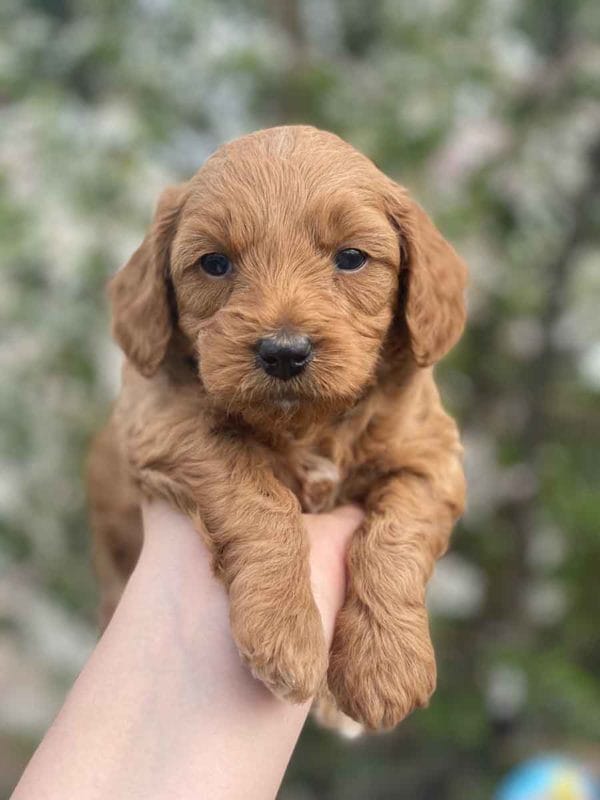 TEACUP GOLDENDOODLE PUPPIES, Precious Doodle Dogs, Teacup Doodle Dogs, Goldendoodle, Doodle Dog, Golden Doodles, Goldendoodle for sale, Goldendoodle puppies for sale, Miniature goldendoodle, goldendoodle puppies, mini goldendoodle, mini puppies, mini goldendoodle size, Mini Doodle Dogs, f1 goldendoodle, golden retriever poodle, chocolate goldendoodle, small doodles, goldendoodle temperament, goldendoodle colors, goldendoodle price, white goldendoodle, f2 goldendoodle, mini goldendoodle price, mini goldendoodle full grown, f1 mini goldendoodle, f1b goldendoodle, parti goldendoodle, goldendoodles near me, english goldendoodle, australian goldendoodle, red goldendoodle, doodle breeds, brown goldendoodle, goldendoodle cost, adult mini goldendoodle, golden noodle dog, doodle dog breeds, miniature golden doodle, miniature puppies, golden retriever poodle mix, A Star is Born, A star is born goldendoodle, a star is born dog, Bradley Cooper's Dog, Bradley Cooper Dog, Bradley Cooper's Goldendoodle, arizona goldendoodles, goldendoodle training, goldendoodle size, how big do mini goldendoodles get, goldendoodle full grown, baby goldendoodle, goldendoodle houston, golden doodles for sale, adult goldendoodle, apricot goldendoodle, goldendoodle grooming, mini golden doodles, goldendoodle shedding, f2b goldendoodle, goldendoodle hypoallergenic, goldendoodle names, english cream goldendoodle, golden retriever and poodle mix, mini goldendoodle puppies, micro goldendoodle, mini goldendoodle puppies for sale, miniature goldendoodle for sale, goldendoodle puppies for adoption, teddy bear goldendoodle, mini goldendoodle rescue, medium goldendoodle, black goldendoodle, mini goldendoodle for sale near me, goldendoodle puppies for sale near me, mini doodle, doodle puppies, mini goldendoodle for sale, goldendoodle breeders near me, miniature goldendoodle for sale near me, toy goldendoodle, petite goldendoodle, golden doodle dog, miniature goldendoodle puppies, mini goldendoodle puppies for sale near me, goldendoodles for sale near me, mini goldedoodle breeders, goldendoodle adoption, f1b mini goldendoodle, small goldendoodle, teacup goldendoodle, goldendoodle puppies near me, goldendoodle breeders, how to groom a goldendoodle, great doodle puppies, golden doodle mix, goldendoodle tampa, goldendoodle facts, white doodle dog, white goldendoodle puppy, mini goldendoodle maryland, country mini doodles, goldendoodle los angeles, toy labradoodle puppies for sale, types of goldendoodles, mini golden retriever puppies, golden goldendoodle, mini golden retriever puppies for sale, miniature australian goldendoodle, goldendoodle sacramento, goldendoodle omaha, labradoodle goldendoodle, f1 medium goldendoodle, BEST goldendoodles, pictures of mini goldendoodles, teacup goldendoodle full grown, micro mini goldendoodle full grown, toy goldendoodle price, goldendoodle chicago, retriever doodle, teacup goldendoodle puppies for sale, cute goldendoodle, mini teddy bear puppies, miniature goldendoodle full grown, f2 mini goldendoodle, goldendoodle spokane, mini goldendoodle chicago, micro mini goldendoodle, how nbig do miniature goldendoodles get, brown mini goldendoodle, mini doodle breeds, poodle doodle dog, what is a mini goldendoodle, black mini goldendoodle, mini irish doodle puppies for sale, f1b goldendoodle size, toy golden doodles, chocolate brown goldendoodle puppies for sale, petite goldendoodle full grown, goldendoodle behavior, american goldendoodle, f1b medium goldendoodle, goldendoodle puppy cost, cute goldendoodle puppies, goldendoodle indianapolis, teddy goldendoodle, mini goldendoodle weight, teddy bear golden doodles, f1b goldendoodle puppies for sale, miniature goldendoodle size, chocolate goldendoodle puppy, english cream mini goldendoodle, doodle puppies near me, red miniature goldendoodle, cream goldendoodle, goldendoodle puppy cut, mini goldendoodle hypoallergenic, dog breed goldendoodle, goldendoodle poodle mixes, goldendoodle allergies, goldendoodle info, sandy ridge goldendoodles, lakeshore goldendoodles, toy goldendoodle puppies for sale, labradoodle and goldendoodle, goldendoodle las vegas, goldendoodle phoenix, doodle breeders near me, miniature goldendoodle weight, black and white goldendoodle, sarasota goldendoodles, mini goldendoodle dallas, a goldendoodle, what is a goldendoodle, goldendoodle dallas, mini golden doodles for sale, ginger doodle puppy, how much does a mini goldendoodle cost, goldendoodle san antonio, goldendoodle photos, goldendoodle cuts, chocolate mini goldendoodle, all about goldendoodles, goldendoodle cincinnati, black doodle dog, goldendoodle weight, miniature goldendoodle breeders, goldendoodle information, miniature goldendoodle puppies for sale, doodle puppies for sale near me, black labradoodle puppies for sale, goldendoodle seattle, golden doodles near me, teacup goldendoodle for sale, golden retriever poodle puppy, goldendoodle rochester ny, goldendoodle and poodle mix, akc goldendoodle, goldendoodle kansas city, mini goldendoodle facts, goldendoodle austin, goldendoodle doodle, goldendoodle tulsa, curly goldendoodle, brown goldendoodle puppies, f1b labradoodle puppies for sale, red mini goldendoodle, goldendoodle poodle, chocolate goldendoodle for sale, tiny goldendoodle, goldendoodle puppies breeders, english goldendoodle puppies for sale, mini golden labradoodle, f1b mini teddy bear goldendoodles, red goldendoodle puppies for sale, miniature golden retriever breeders, f1 goldendoodles for sale, teacup goldendoodle puppies, toy mini goldendoodle, xs petite goldendoodle, f2 goldendoodle puppies for sale, mini goldendoodle cost, black goldendoodle for sale, english teddy bear goldendoodle, small doodle dogs, goldendoodle nashville, english goldendoodle puppies, golden retriever poodle mix for sale, red goldendoodle puppy, parti goldendoodles for sale, english cream goldendoodles for sale, doodle puppies for sale, golden retriever poodle mix puppies, goldendoodle tucson, f1b mini goldendoodle puppies for sale, mini goldendoodle breeders northeast, teddy bear goldendoodle, toy goldendoodle rescue, petite mini goldendoodle, goldendoodle stuff, mini goldendoodles near me, teddy bear goldendoodle puppies, f1 goldendoodle puppies, teddy bear goldendoodles for sale, silver goldendoodle, buy goldendoodle, mini golden doodle dog, teddy bear goldendoodles mini, micro mini goldendoodle puppies for sale, goldendoodle dogs for sale, best goldendoodle breeders, chocolate goldendoodle puppies for sale, doodle dogs for sale, toy goldendoodle puppies, mini doodle dog, toy goldendoodle breeders, doodles for sale, goldendoodle hypoallergenic dog, mini goldendoodle breeders near me, english goldendoodle breeders, f1b mini goldendoodle for sale, teacup goldendoodle price, petite goldendoodle for sale, mini english goldendoodle, mini goldendoodle info, miniature goldendoodle puppies for sale near me, black goldendoodle puppies for sale, f1 goldendoodle puppies for sale, Teacup Goldendoodles AL, Teacup Goldendoodles AK, Teacup Goldendoodles AZ, Teacup Goldendoodles AR, Teacup Goldendoodles CA, Teacup Goldendoodles CO, Teacup Goldendoodles CT, Teacup Goldendoodles DE, Teacup Goldendoodles FL, Teacup Goldendoodles GA, Teacup Goldendoodles HI, Teacup Goldendoodles ID, Teacup Goldendoodles IL, Teacup Goldendoodles IN, Teacup Goldendoodles IA, Teacup Goldendoodles KS, Teacup Goldendoodles KY, Teacup Goldendoodles LA, Teacup Goldendoodles ME, Teacup Goldendoodles MD, Teacup Goldendoodles MA, Teacup Goldendoodles MI, Teacup Goldendoodles MN, Teacup Goldendoodles MS, Teacup Goldendoodles MO, Teacup Goldendoodles MT, Teacup Goldendoodles NE, Teacup Goldendoodles NV, Teacup Goldendoodles NH, Teacup Goldendoodles NJ, Teacup Goldendoodles NM, Teacup Goldendoodles NY, Teacup Goldendoodles NC, Teacup Goldendoodles ND, Teacup Goldendoodles OH, Teacup Goldendoodles OK, Teacup Goldendoodles OR, Teacup Goldendoodles PA, Teacup Goldendoodles RI, Teacup Goldendoodles SC, Teacup Goldendoodles SD, Teacup Goldendoodles TN, Teacup Goldendoodles TX, Teacup Goldendoodles UT, Teacup Goldendoodles VT, Teacup Goldendoodles VA, Teacup Goldendoodles WA, Teacup Goldendoodles WV, Teacup Goldendoodles WI, Teacup Goldendoodles WY, Teacup Golden Doodles AL, Teacup Golden Doodles AK, Teacup Golden Doodles AZ, Teacup Golden Doodles AR, Teacup Golden Doodles CA, Teacup Golden Doodles CO, Teacup Golden Doodles CT, Teacup Golden Doodles DE, Teacup Golden Doodles FL, Teacup Golden Doodles GA, Teacup Golden Doodles HI, Teacup Golden Doodles ID, Teacup Golden Doodles IL, Teacup Golden Doodles IN, Teacup Golden Doodles IA, Teacup Golden Doodles KS, Teacup Golden Doodles KY, Teacup Golden Doodles LA, Teacup Golden Doodles ME, Teacup Golden Doodles MD, Teacup Golden Doodles MA, Teacup Golden Doodles MI, Teacup Golden Doodles MN, Teacup Golden Doodles MS, Teacup Golden Doodles MO, Teacup Golden Doodles MT, Teacup Golden Doodles NE, Teacup Golden Doodles NV, Teacup Golden Doodles NH, Teacup Golden Doodles NJ, Teacup Golden Doodles NM, Teacup Golden Doodles NY, Teacup Golden Doodles NC, Teacup Golden Doodles ND, Teacup Golden Doodles OH, Teacup Golden Doodles OK, Teacup Golden Doodles OR, Teacup Golden Doodles PA, Teacup Golden Doodles RI, Teacup Golden Doodles SC, Teacup Golden Doodles SD, Teacup Golden Doodles TN, Teacup Golden Doodles TX, Teacup Golden Doodles UT, Teacup Golden Doodles VT, Teacup Golden Doodles VA, Teacup Golden Doodles WA, Teacup Golden Doodles WV, Teacup Golden Doodles WI, Teacup Golden Doodles WY, Toy Goldendoodle Alabama, Toy Goldendoodle Alaska, Toy Goldendoodle Arizona, Toy Goldendoodle Arkansas, Toy Goldendoodle California, Toy Goldendoodle Colorado, Toy Goldendoodle Connecticut, Toy Goldendoodle Delaware, Toy Goldendoodle Florida, Toy Goldendoodle Georgia, Toy Goldendoodle Hawaii, Toy Goldendoodle Idaho, Toy Goldendoodle Illinois, Toy Goldendoodle Indiana, Toy Goldendoodle Iowa, Toy Goldendoodle Kansas, Toy Goldendoodle Kentucky, Toy Goldendoodle Louisiana, Toy Goldendoodle Maine, Toy Goldendoodle Maryland, Toy Goldendoodle Massachusetts, Toy Goldendoodle Michigan, Toy Goldendoodle Minnesota, Toy Goldendoodle Mississippi, Toy Goldendoodle Missouri, Toy Goldendoodle Montana, Toy Goldendoodle Nebraska, Toy Goldendoodle Nevada, Toy Goldendoodle New Hampshire, Toy Goldendoodle New Jersey, Toy Goldendoodle New Mexico, Toy Goldendoodle New York, Toy Goldendoodle North Carolina, Toy Goldendoodle North Dakota, Toy Goldendoodle Ohio, Toy Goldendoodle Oklahoma, Toy Goldendoodle Oregon, Toy Goldendoodle Pennsylvania, Toy Goldendoodle Rhode Island, Toy Goldendoodle South Carolina, Toy Goldendoodle South Dakota, Toy Goldendoodle Tennessee, Toy Goldendoodle Texas, Toy Goldendoodle Utah, Toy Goldendoodle Vermont, Toy Goldendoodle Virginia, Toy Goldendoodle Washington, Toy Goldendoodle West Virginia, Toy Goldendoodle Wisconsin, Toy Goldendoodle Wyoming, Teacup Goldendoodle breeders AL, Teacup Goldendoodle breeders AK, Teacup Goldendoodle breeders AZ, Teacup Goldendoodle breeders AR, Teacup Goldendoodle breeders CA, Teacup Goldendoodle breeders CO, Teacup Goldendoodle breeders CT, Teacup Goldendoodle breeders DE, Teacup Goldendoodle breeders FL, Teacup Goldendoodle breeders GA, Teacup Goldendoodle breeders HI, Teacup Goldendoodle breeders ID, Teacup Goldendoodle breeders IL, Teacup Goldendoodle breeders IN, Teacup Goldendoodle breeders IA, Teacup Goldendoodle breeders KS, Teacup Goldendoodle breeders KY, Teacup Goldendoodle breeders LA, Teacup Goldendoodle breeders ME, Teacup Goldendoodle breeders MD, Teacup Goldendoodle breeders MA, Teacup Goldendoodle breeders MI, Teacup Goldendoodle breeders MN, Teacup Goldendoodle breeders MS, Teacup Goldendoodle breeders MO, Teacup Goldendoodle breeders MT, Teacup Goldendoodle breeders NE, Teacup Goldendoodle breeders NV, Teacup Goldendoodle breeders NH, Teacup Goldendoodle breeders NJ, Teacup Goldendoodle breeders NM, Teacup Goldendoodle breeders NY, Teacup Goldendoodle breeders NC, Teacup Goldendoodle breeders ND, Teacup Goldendoodle breeders OH, Teacup Goldendoodle breeders OK, Teacup Goldendoodle breeders OR, Teacup Goldendoodle breeders PA, Teacup Goldendoodle breeders RI, Teacup Goldendoodle breeders SC, Teacup Goldendoodle breeders SD, Teacup Goldendoodle breeders TN, Teacup Goldendoodle breeders TX, Teacup Goldendoodle breeders UT, Teacup Goldendoodle breeders VT, Teacup Goldendoodle breeders VA, Teacup Goldendoodle breeders WA, Teacup Goldendoodle breeders WV, Teacup Goldendoodle breeders WI, Teacup Goldendoodle breeders WY, Teacup Golden doodle puppies for sale in AL, Teacup Golden doodle puppies for sale in AK, Teacup Golden doodle puppies for sale in AZ, Teacup Golden doodle puppies for sale in AR, Teacup Golden doodle puppies for sale in CA, Teacup Golden doodle puppies for sale in CO, Teacup Golden doodle puppies for sale in CT, Teacup Golden doodle puppies for sale in DE, Teacup Golden doodle puppies for sale in FL, Teacup Golden doodle puppies for sale in GA, Teacup Golden doodle puppies for sale in HI, Teacup Golden doodle puppies for sale in ID, Teacup Golden doodle puppies for sale in IL, Teacup Golden doodle puppies for sale in IN, Teacup Golden doodle puppies for sale in IA, Teacup Golden doodle puppies for sale in KS, Teacup Golden doodle puppies for sale in KY, Teacup Golden doodle puppies for sale in LA, Teacup Golden doodle puppies for sale in ME, Teacup Golden doodle puppies for sale in MD, Teacup Golden doodle puppies for sale in MA, Teacup Golden doodle puppies for sale in MI, Teacup Golden doodle puppies for sale in MN, Teacup Golden doodle puppies for sale in MS, Teacup Golden doodle puppies for sale in MO, Teacup Golden doodle puppies for sale in MT, Teacup Golden doodle puppies for sale in NE, Teacup Golden doodle puppies for sale in NV, Teacup Golden doodle puppies for sale in NH, Teacup Golden doodle puppies for sale in NJ, Teacup Golden doodle puppies for sale in NM, Teacup Golden doodle puppies for sale in NY, Teacup Golden doodle puppies for sale in NC, Teacup Golden doodle puppies for sale in ND, Teacup Golden doodle puppies for sale in OH, Teacup Golden doodle puppies for sale in OK, Teacup Golden doodle puppies for sale in OR, Teacup Golden doodle puppies for sale in PA, Teacup Golden doodle puppies for sale in RI, Teacup Golden doodle puppies for sale in SC, Teacup Golden doodle puppies for sale in SD, Teacup Golden doodle puppies for sale in TN, Teacup Golden doodle puppies for sale in TX, Teacup Golden doodle puppies for sale in UT, Teacup Golden doodle puppies for sale in VT, Teacup Golden doodle puppies for sale in VA, Teacup Golden doodle puppies for sale in WA, Teacup Golden doodle puppies for sale in WV, Teacup Golden doodle puppies for sale in WI, Teacup Golden doodle puppies for sale in WY, Teacup Goldendoodles for sale in AL, Teacup Goldendoodles for sale in AK, Teacup Goldendoodles for sale in AZ, Teacup Goldendoodles for sale in AR, Teacup Goldendoodles for sale in CA, Teacup Goldendoodles for sale in CO, Teacup Goldendoodles for sale in CT, Teacup Goldendoodles for sale in DE, Teacup Goldendoodles for sale in FL, Teacup Goldendoodles for sale in GA, Teacup Goldendoodles for sale in HI, Teacup Goldendoodles for sale in ID, Teacup Goldendoodles for sale in IL, Teacup Goldendoodles for sale in IN, Teacup Goldendoodles for sale in IA, Teacup Goldendoodles for sale in KS, Teacup Goldendoodles for sale in KY, Teacup Goldendoodles for sale in LA, Teacup Goldendoodles for sale in ME, Teacup Goldendoodles for sale in MD, Teacup Goldendoodles for sale in MA, Teacup Goldendoodles for sale in MI, Teacup Goldendoodles for sale in MN, Teacup Goldendoodles for sale in MS, Teacup Goldendoodles for sale in MO, Teacup Goldendoodles for sale in MT, Teacup Goldendoodles for sale in NE, Teacup Goldendoodles for sale in NV, Teacup Goldendoodles for sale in NH, Teacup Goldendoodles for sale in NJ, Teacup Goldendoodles for sale in NM, Teacup Goldendoodles for sale in NY, Teacup Goldendoodles for sale in NC, Teacup Goldendoodles for sale in ND, Teacup Goldendoodles for sale in OH, Teacup Goldendoodles for sale in OK, Teacup Goldendoodles for sale in OR, Teacup Goldendoodles for sale in PA, Teacup Goldendoodles for sale in RI, Teacup Goldendoodles for sale in SC, Teacup Goldendoodles for sale in SD, Teacup Goldendoodles for sale in TN, Teacup Goldendoodles for sale in TX, Teacup Goldendoodles for sale in UT, Teacup Goldendoodles for sale in VT, Teacup Goldendoodles for sale in VA, Teacup Goldendoodles for sale in WA, Teacup Goldendoodles for sale in WV, Teacup Goldendoodles for sale in WI, Teacup Goldendoodles for sale in WY, Teacup Goldendoodle Alabama, Teacup Goldendoodle Alaska, Teacup Goldendoodle Arizona, Teacup Goldendoodle Arkansas, Teacup Goldendoodle California, Teacup Goldendoodle Colorado, Teacup Goldendoodle Connecticut, Teacup Goldendoodle Delaware, Teacup Goldendoodle Florida, Teacup Goldendoodle Georgia, Teacup Goldendoodle Hawaii, Teacup Goldendoodle Idaho, Teacup Goldendoodle Illinois, Teacup Goldendoodle Indiana, Teacup Goldendoodle Iowa, Teacup Goldendoodle Kansas, Teacup Goldendoodle Kentucky, Teacup Goldendoodle Louisiana, Teacup Goldendoodle Maine, Teacup Goldendoodle Maryland, Teacup Goldendoodle Massachusetts, Teacup Goldendoodle Michigan, Teacup Goldendoodle Minnesota, Teacup Goldendoodle Mississippi, Teacup Goldendoodle Missouri, Teacup Goldendoodle Montana, Teacup Goldendoodle Nebraska, Teacup Goldendoodle Nevada, Teacup Goldendoodle New Hampshire, Teacup Goldendoodle New Jersey, Teacup Goldendoodle New Mexico, Teacup Goldendoodle New York, Teacup Goldendoodle North Carolina, Teacup Goldendoodle North Dakota, Teacup Goldendoodle Ohio, Teacup Goldendoodle Oklahoma, Teacup Goldendoodle Oregon, Teacup Goldendoodle Pennsylvania, Teacup Goldendoodle Rhode Island, Teacup Goldendoodle South Carolina, Teacup Goldendoodle South Dakota, Teacup Goldendoodle Tennessee, Teacup Goldendoodle Texas, Teacup Goldendoodle Utah, Teacup Goldendoodle Vermont, Teacup Goldendoodle Virginia, Teacup Goldendoodle Washington, Teacup Goldendoodle West Virginia, Teacup Goldendoodle Wisconsin, Teacup Goldendoodle Wyoming, Goldendoodle Breeders AL, Goldendoodle Breeders AK, Goldendoodle Breeders AZ, Goldendoodle Breeders AR, Goldendoodle Breeders CA, Goldendoodle Breeders CO, Goldendoodle Breeders CT, Goldendoodle Breeders DE, Goldendoodle Breeders FL, Goldendoodle Breeders GA, Goldendoodle Breeders HI, Goldendoodle Breeders ID, Goldendoodle Breeders IL, Goldendoodle Breeders IN, Goldendoodle Breeders IA, Goldendoodle Breeders KS, Goldendoodle Breeders KY, Goldendoodle Breeders LA, Goldendoodle Breeders ME, Goldendoodle Breeders MD, Goldendoodle Breeders MA, Goldendoodle Breeders MI, Goldendoodle Breeders MN, Goldendoodle Breeders MS, Goldendoodle Breeders MO, Goldendoodle Breeders MT, Goldendoodle Breeders NE, Goldendoodle Breeders NV, Goldendoodle Breeders NH, Goldendoodle Breeders NJ, Goldendoodle Breeders NM, Goldendoodle Breeders NY, Goldendoodle Breeders NC, Goldendoodle Breeders ND, Goldendoodle Breeders OH, Goldendoodle Breeders OK, Goldendoodle Breeders OR, Goldendoodle Breeders PA, Goldendoodle Breeders RI, Goldendoodle Breeders SC, Goldendoodle Breeders SD, Goldendoodle Breeders TN, Goldendoodle Breeders TX, Goldendoodle Breeders UT, Goldendoodle Breeders VT, Goldendoodle Breeders VA, Goldendoodle Breeders WA, Goldendoodle Breeders WV, Goldendoodle Breeders WI, Goldendoodle Breeders WY, Teacup Golden doodles for sale in AL, Teacup Golden doodles for sale in AK, Teacup Golden doodles for sale in AZ, Teacup Golden doodles for sale in AR, Teacup Golden doodles for sale in CA, Teacup Golden doodles for sale in CO, Teacup Golden doodles for sale in CT, Teacup Golden doodles for sale in DE, Teacup Golden doodles for sale in FL, Teacup Golden doodles for sale in GA, Teacup Golden doodles for sale in HI, Teacup Golden doodles for sale in ID, Teacup Golden doodles for sale in IL, Teacup Golden doodles for sale in IN, Teacup Golden doodles for sale in IA, Teacup Golden doodles for sale in KS, Teacup Golden doodles for sale in KY, Teacup Golden doodles for sale in LA, Teacup Golden doodles for sale in ME, Teacup Golden doodles for sale in MD, Teacup Golden doodles for sale in MA, Teacup Golden doodles for sale in MI, Teacup Golden doodles for sale in MN, Teacup Golden doodles for sale in MS, Teacup Golden doodles for sale in MO, Teacup Golden doodles for sale in MT, Teacup Golden doodles for sale in NE, Teacup Golden doodles for sale in NV, Teacup Golden doodles for sale in NH, Teacup Golden doodles for sale in NJ, Teacup Golden doodles for sale in NM, Teacup Golden doodles for sale in NY, Teacup Golden doodles for sale in NC, Teacup Golden doodles for sale in ND, Teacup Golden doodles for sale in OH, Teacup Golden doodles for sale in OK, Teacup Golden doodles for sale in OR, Teacup Golden doodles for sale in PA, Teacup Golden doodles for sale in RI, Teacup Golden doodles for sale in SC, Teacup Golden doodles for sale in SD, Teacup Golden doodles for sale in TN, Teacup Golden doodles for sale in TX, Teacup Golden doodles for sale in UT, Teacup Golden doodles for sale in VT, Teacup Golden doodles for sale in VA, Teacup Golden doodles for sale in WA, Teacup Golden doodles for sale in WV, Teacup Golden doodles for sale in WI, Teacup Golden doodles for sale in WY,