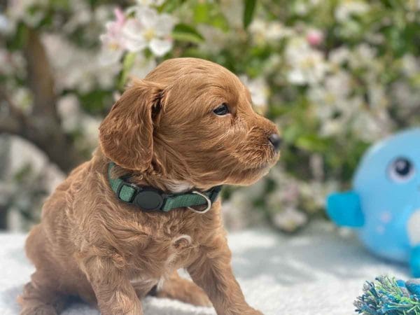 TEACUP GOLDENDOODLE PUPPIES, Precious Doodle Dogs, Teacup Doodle Dogs, Goldendoodle, Doodle Dog, Golden Doodles, Goldendoodle for sale, Goldendoodle puppies for sale, Miniature goldendoodle, goldendoodle puppies, mini goldendoodle, mini puppies, mini goldendoodle size, Mini Doodle Dogs, f1 goldendoodle, golden retriever poodle, chocolate goldendoodle, small doodles, goldendoodle temperament, goldendoodle colors, goldendoodle price, white goldendoodle, f2 goldendoodle, mini goldendoodle price, mini goldendoodle full grown, f1 mini goldendoodle, f1b goldendoodle, parti goldendoodle, goldendoodles near me, english goldendoodle, australian goldendoodle, red goldendoodle, doodle breeds, brown goldendoodle, goldendoodle cost, adult mini goldendoodle, golden noodle dog, doodle dog breeds, miniature golden doodle, miniature puppies, golden retriever poodle mix, A Star is Born, A star is born goldendoodle, a star is born dog, Bradley Cooper's Dog, Bradley Cooper Dog, Bradley Cooper's Goldendoodle, arizona goldendoodles, goldendoodle training, goldendoodle size, how big do mini goldendoodles get, goldendoodle full grown, baby goldendoodle, goldendoodle houston, golden doodles for sale, adult goldendoodle, apricot goldendoodle, goldendoodle grooming, mini golden doodles, goldendoodle shedding, f2b goldendoodle, goldendoodle hypoallergenic, goldendoodle names, english cream goldendoodle, golden retriever and poodle mix, mini goldendoodle puppies, micro goldendoodle, mini goldendoodle puppies for sale, miniature goldendoodle for sale, goldendoodle puppies for adoption, teddy bear goldendoodle, mini goldendoodle rescue, medium goldendoodle, black goldendoodle, mini goldendoodle for sale near me, goldendoodle puppies for sale near me, mini doodle, doodle puppies, mini goldendoodle for sale, goldendoodle breeders near me, miniature goldendoodle for sale near me, toy goldendoodle, petite goldendoodle, golden doodle dog, miniature goldendoodle puppies, mini goldendoodle puppies for sale near me, goldendoodles for sale near me, mini goldedoodle breeders, goldendoodle adoption, f1b mini goldendoodle, small goldendoodle, teacup goldendoodle, goldendoodle puppies near me, goldendoodle breeders, how to groom a goldendoodle, great doodle puppies, golden doodle mix, goldendoodle tampa, goldendoodle facts, white doodle dog, white goldendoodle puppy, mini goldendoodle maryland, country mini doodles, goldendoodle los angeles, toy labradoodle puppies for sale, types of goldendoodles, mini golden retriever puppies, golden goldendoodle, mini golden retriever puppies for sale, miniature australian goldendoodle, goldendoodle sacramento, goldendoodle omaha, labradoodle goldendoodle, f1 medium goldendoodle, BEST goldendoodles, pictures of mini goldendoodles, teacup goldendoodle full grown, micro mini goldendoodle full grown, toy goldendoodle price, goldendoodle chicago, retriever doodle, teacup goldendoodle puppies for sale, cute goldendoodle, mini teddy bear puppies, miniature goldendoodle full grown, f2 mini goldendoodle, goldendoodle spokane, mini goldendoodle chicago, micro mini goldendoodle, how nbig do miniature goldendoodles get, brown mini goldendoodle, mini doodle breeds, poodle doodle dog, what is a mini goldendoodle, black mini goldendoodle, mini irish doodle puppies for sale, f1b goldendoodle size, toy golden doodles, chocolate brown goldendoodle puppies for sale, petite goldendoodle full grown, goldendoodle behavior, american goldendoodle, f1b medium goldendoodle, goldendoodle puppy cost, cute goldendoodle puppies, goldendoodle indianapolis, teddy goldendoodle, mini goldendoodle weight, teddy bear golden doodles, f1b goldendoodle puppies for sale, miniature goldendoodle size, chocolate goldendoodle puppy, english cream mini goldendoodle, doodle puppies near me, red miniature goldendoodle, cream goldendoodle, goldendoodle puppy cut, mini goldendoodle hypoallergenic, dog breed goldendoodle, goldendoodle poodle mixes, goldendoodle allergies, goldendoodle info, sandy ridge goldendoodles, lakeshore goldendoodles, toy goldendoodle puppies for sale, labradoodle and goldendoodle, goldendoodle las vegas, goldendoodle phoenix, doodle breeders near me, miniature goldendoodle weight, black and white goldendoodle, sarasota goldendoodles, mini goldendoodle dallas, a goldendoodle, what is a goldendoodle, goldendoodle dallas, mini golden doodles for sale, ginger doodle puppy, how much does a mini goldendoodle cost, goldendoodle san antonio, goldendoodle photos, goldendoodle cuts, chocolate mini goldendoodle, all about goldendoodles, goldendoodle cincinnati, black doodle dog, goldendoodle weight, miniature goldendoodle breeders, goldendoodle information, miniature goldendoodle puppies for sale, doodle puppies for sale near me, black labradoodle puppies for sale, goldendoodle seattle, golden doodles near me, teacup goldendoodle for sale, golden retriever poodle puppy, goldendoodle rochester ny, goldendoodle and poodle mix, akc goldendoodle, goldendoodle kansas city, mini goldendoodle facts, goldendoodle austin, goldendoodle doodle, goldendoodle tulsa, curly goldendoodle, brown goldendoodle puppies, f1b labradoodle puppies for sale, red mini goldendoodle, goldendoodle poodle, chocolate goldendoodle for sale, tiny goldendoodle, goldendoodle puppies breeders, english goldendoodle puppies for sale, mini golden labradoodle, f1b mini teddy bear goldendoodles, red goldendoodle puppies for sale, miniature golden retriever breeders, f1 goldendoodles for sale, teacup goldendoodle puppies, toy mini goldendoodle, xs petite goldendoodle, f2 goldendoodle puppies for sale, mini goldendoodle cost, black goldendoodle for sale, english teddy bear goldendoodle, small doodle dogs, goldendoodle nashville, english goldendoodle puppies, golden retriever poodle mix for sale, red goldendoodle puppy, parti goldendoodles for sale, english cream goldendoodles for sale, doodle puppies for sale, golden retriever poodle mix puppies, goldendoodle tucson, f1b mini goldendoodle puppies for sale, mini goldendoodle breeders northeast, teddy bear goldendoodle, toy goldendoodle rescue, petite mini goldendoodle, goldendoodle stuff, mini goldendoodles near me, teddy bear goldendoodle puppies, f1 goldendoodle puppies, teddy bear goldendoodles for sale, silver goldendoodle, buy goldendoodle, mini golden doodle dog, teddy bear goldendoodles mini, micro mini goldendoodle puppies for sale, goldendoodle dogs for sale, best goldendoodle breeders, chocolate goldendoodle puppies for sale, doodle dogs for sale, toy goldendoodle puppies, mini doodle dog, toy goldendoodle breeders, doodles for sale, goldendoodle hypoallergenic dog, mini goldendoodle breeders near me, english goldendoodle breeders, f1b mini goldendoodle for sale, teacup goldendoodle price, petite goldendoodle for sale, mini english goldendoodle, mini goldendoodle info, miniature goldendoodle puppies for sale near me, black goldendoodle puppies for sale, f1 goldendoodle puppies for sale, Teacup Goldendoodles AL, Teacup Goldendoodles AK, Teacup Goldendoodles AZ, Teacup Goldendoodles AR, Teacup Goldendoodles CA, Teacup Goldendoodles CO, Teacup Goldendoodles CT, Teacup Goldendoodles DE, Teacup Goldendoodles FL, Teacup Goldendoodles GA, Teacup Goldendoodles HI, Teacup Goldendoodles ID, Teacup Goldendoodles IL, Teacup Goldendoodles IN, Teacup Goldendoodles IA, Teacup Goldendoodles KS, Teacup Goldendoodles KY, Teacup Goldendoodles LA, Teacup Goldendoodles ME, Teacup Goldendoodles MD, Teacup Goldendoodles MA, Teacup Goldendoodles MI, Teacup Goldendoodles MN, Teacup Goldendoodles MS, Teacup Goldendoodles MO, Teacup Goldendoodles MT, Teacup Goldendoodles NE, Teacup Goldendoodles NV, Teacup Goldendoodles NH, Teacup Goldendoodles NJ, Teacup Goldendoodles NM, Teacup Goldendoodles NY, Teacup Goldendoodles NC, Teacup Goldendoodles ND, Teacup Goldendoodles OH, Teacup Goldendoodles OK, Teacup Goldendoodles OR, Teacup Goldendoodles PA, Teacup Goldendoodles RI, Teacup Goldendoodles SC, Teacup Goldendoodles SD, Teacup Goldendoodles TN, Teacup Goldendoodles TX, Teacup Goldendoodles UT, Teacup Goldendoodles VT, Teacup Goldendoodles VA, Teacup Goldendoodles WA, Teacup Goldendoodles WV, Teacup Goldendoodles WI, Teacup Goldendoodles WY, Teacup Golden Doodles AL, Teacup Golden Doodles AK, Teacup Golden Doodles AZ, Teacup Golden Doodles AR, Teacup Golden Doodles CA, Teacup Golden Doodles CO, Teacup Golden Doodles CT, Teacup Golden Doodles DE, Teacup Golden Doodles FL, Teacup Golden Doodles GA, Teacup Golden Doodles HI, Teacup Golden Doodles ID, Teacup Golden Doodles IL, Teacup Golden Doodles IN, Teacup Golden Doodles IA, Teacup Golden Doodles KS, Teacup Golden Doodles KY, Teacup Golden Doodles LA, Teacup Golden Doodles ME, Teacup Golden Doodles MD, Teacup Golden Doodles MA, Teacup Golden Doodles MI, Teacup Golden Doodles MN, Teacup Golden Doodles MS, Teacup Golden Doodles MO, Teacup Golden Doodles MT, Teacup Golden Doodles NE, Teacup Golden Doodles NV, Teacup Golden Doodles NH, Teacup Golden Doodles NJ, Teacup Golden Doodles NM, Teacup Golden Doodles NY, Teacup Golden Doodles NC, Teacup Golden Doodles ND, Teacup Golden Doodles OH, Teacup Golden Doodles OK, Teacup Golden Doodles OR, Teacup Golden Doodles PA, Teacup Golden Doodles RI, Teacup Golden Doodles SC, Teacup Golden Doodles SD, Teacup Golden Doodles TN, Teacup Golden Doodles TX, Teacup Golden Doodles UT, Teacup Golden Doodles VT, Teacup Golden Doodles VA, Teacup Golden Doodles WA, Teacup Golden Doodles WV, Teacup Golden Doodles WI, Teacup Golden Doodles WY, Toy Goldendoodle Alabama, Toy Goldendoodle Alaska, Toy Goldendoodle Arizona, Toy Goldendoodle Arkansas, Toy Goldendoodle California, Toy Goldendoodle Colorado, Toy Goldendoodle Connecticut, Toy Goldendoodle Delaware, Toy Goldendoodle Florida, Toy Goldendoodle Georgia, Toy Goldendoodle Hawaii, Toy Goldendoodle Idaho, Toy Goldendoodle Illinois, Toy Goldendoodle Indiana, Toy Goldendoodle Iowa, Toy Goldendoodle Kansas, Toy Goldendoodle Kentucky, Toy Goldendoodle Louisiana, Toy Goldendoodle Maine, Toy Goldendoodle Maryland, Toy Goldendoodle Massachusetts, Toy Goldendoodle Michigan, Toy Goldendoodle Minnesota, Toy Goldendoodle Mississippi, Toy Goldendoodle Missouri, Toy Goldendoodle Montana, Toy Goldendoodle Nebraska, Toy Goldendoodle Nevada, Toy Goldendoodle New Hampshire, Toy Goldendoodle New Jersey, Toy Goldendoodle New Mexico, Toy Goldendoodle New York, Toy Goldendoodle North Carolina, Toy Goldendoodle North Dakota, Toy Goldendoodle Ohio, Toy Goldendoodle Oklahoma, Toy Goldendoodle Oregon, Toy Goldendoodle Pennsylvania, Toy Goldendoodle Rhode Island, Toy Goldendoodle South Carolina, Toy Goldendoodle South Dakota, Toy Goldendoodle Tennessee, Toy Goldendoodle Texas, Toy Goldendoodle Utah, Toy Goldendoodle Vermont, Toy Goldendoodle Virginia, Toy Goldendoodle Washington, Toy Goldendoodle West Virginia, Toy Goldendoodle Wisconsin, Toy Goldendoodle Wyoming, Teacup Goldendoodle breeders AL, Teacup Goldendoodle breeders AK, Teacup Goldendoodle breeders AZ, Teacup Goldendoodle breeders AR, Teacup Goldendoodle breeders CA, Teacup Goldendoodle breeders CO, Teacup Goldendoodle breeders CT, Teacup Goldendoodle breeders DE, Teacup Goldendoodle breeders FL, Teacup Goldendoodle breeders GA, Teacup Goldendoodle breeders HI, Teacup Goldendoodle breeders ID, Teacup Goldendoodle breeders IL, Teacup Goldendoodle breeders IN, Teacup Goldendoodle breeders IA, Teacup Goldendoodle breeders KS, Teacup Goldendoodle breeders KY, Teacup Goldendoodle breeders LA, Teacup Goldendoodle breeders ME, Teacup Goldendoodle breeders MD, Teacup Goldendoodle breeders MA, Teacup Goldendoodle breeders MI, Teacup Goldendoodle breeders MN, Teacup Goldendoodle breeders MS, Teacup Goldendoodle breeders MO, Teacup Goldendoodle breeders MT, Teacup Goldendoodle breeders NE, Teacup Goldendoodle breeders NV, Teacup Goldendoodle breeders NH, Teacup Goldendoodle breeders NJ, Teacup Goldendoodle breeders NM, Teacup Goldendoodle breeders NY, Teacup Goldendoodle breeders NC, Teacup Goldendoodle breeders ND, Teacup Goldendoodle breeders OH, Teacup Goldendoodle breeders OK, Teacup Goldendoodle breeders OR, Teacup Goldendoodle breeders PA, Teacup Goldendoodle breeders RI, Teacup Goldendoodle breeders SC, Teacup Goldendoodle breeders SD, Teacup Goldendoodle breeders TN, Teacup Goldendoodle breeders TX, Teacup Goldendoodle breeders UT, Teacup Goldendoodle breeders VT, Teacup Goldendoodle breeders VA, Teacup Goldendoodle breeders WA, Teacup Goldendoodle breeders WV, Teacup Goldendoodle breeders WI, Teacup Goldendoodle breeders WY, Teacup Golden doodle puppies for sale in AL, Teacup Golden doodle puppies for sale in AK, Teacup Golden doodle puppies for sale in AZ, Teacup Golden doodle puppies for sale in AR, Teacup Golden doodle puppies for sale in CA, Teacup Golden doodle puppies for sale in CO, Teacup Golden doodle puppies for sale in CT, Teacup Golden doodle puppies for sale in DE, Teacup Golden doodle puppies for sale in FL, Teacup Golden doodle puppies for sale in GA, Teacup Golden doodle puppies for sale in HI, Teacup Golden doodle puppies for sale in ID, Teacup Golden doodle puppies for sale in IL, Teacup Golden doodle puppies for sale in IN, Teacup Golden doodle puppies for sale in IA, Teacup Golden doodle puppies for sale in KS, Teacup Golden doodle puppies for sale in KY, Teacup Golden doodle puppies for sale in LA, Teacup Golden doodle puppies for sale in ME, Teacup Golden doodle puppies for sale in MD, Teacup Golden doodle puppies for sale in MA, Teacup Golden doodle puppies for sale in MI, Teacup Golden doodle puppies for sale in MN, Teacup Golden doodle puppies for sale in MS, Teacup Golden doodle puppies for sale in MO, Teacup Golden doodle puppies for sale in MT, Teacup Golden doodle puppies for sale in NE, Teacup Golden doodle puppies for sale in NV, Teacup Golden doodle puppies for sale in NH, Teacup Golden doodle puppies for sale in NJ, Teacup Golden doodle puppies for sale in NM, Teacup Golden doodle puppies for sale in NY, Teacup Golden doodle puppies for sale in NC, Teacup Golden doodle puppies for sale in ND, Teacup Golden doodle puppies for sale in OH, Teacup Golden doodle puppies for sale in OK, Teacup Golden doodle puppies for sale in OR, Teacup Golden doodle puppies for sale in PA, Teacup Golden doodle puppies for sale in RI, Teacup Golden doodle puppies for sale in SC, Teacup Golden doodle puppies for sale in SD, Teacup Golden doodle puppies for sale in TN, Teacup Golden doodle puppies for sale in TX, Teacup Golden doodle puppies for sale in UT, Teacup Golden doodle puppies for sale in VT, Teacup Golden doodle puppies for sale in VA, Teacup Golden doodle puppies for sale in WA, Teacup Golden doodle puppies for sale in WV, Teacup Golden doodle puppies for sale in WI, Teacup Golden doodle puppies for sale in WY, Teacup Goldendoodles for sale in AL, Teacup Goldendoodles for sale in AK, Teacup Goldendoodles for sale in AZ, Teacup Goldendoodles for sale in AR, Teacup Goldendoodles for sale in CA, Teacup Goldendoodles for sale in CO, Teacup Goldendoodles for sale in CT, Teacup Goldendoodles for sale in DE, Teacup Goldendoodles for sale in FL, Teacup Goldendoodles for sale in GA, Teacup Goldendoodles for sale in HI, Teacup Goldendoodles for sale in ID, Teacup Goldendoodles for sale in IL, Teacup Goldendoodles for sale in IN, Teacup Goldendoodles for sale in IA, Teacup Goldendoodles for sale in KS, Teacup Goldendoodles for sale in KY, Teacup Goldendoodles for sale in LA, Teacup Goldendoodles for sale in ME, Teacup Goldendoodles for sale in MD, Teacup Goldendoodles for sale in MA, Teacup Goldendoodles for sale in MI, Teacup Goldendoodles for sale in MN, Teacup Goldendoodles for sale in MS, Teacup Goldendoodles for sale in MO, Teacup Goldendoodles for sale in MT, Teacup Goldendoodles for sale in NE, Teacup Goldendoodles for sale in NV, Teacup Goldendoodles for sale in NH, Teacup Goldendoodles for sale in NJ, Teacup Goldendoodles for sale in NM, Teacup Goldendoodles for sale in NY, Teacup Goldendoodles for sale in NC, Teacup Goldendoodles for sale in ND, Teacup Goldendoodles for sale in OH, Teacup Goldendoodles for sale in OK, Teacup Goldendoodles for sale in OR, Teacup Goldendoodles for sale in PA, Teacup Goldendoodles for sale in RI, Teacup Goldendoodles for sale in SC, Teacup Goldendoodles for sale in SD, Teacup Goldendoodles for sale in TN, Teacup Goldendoodles for sale in TX, Teacup Goldendoodles for sale in UT, Teacup Goldendoodles for sale in VT, Teacup Goldendoodles for sale in VA, Teacup Goldendoodles for sale in WA, Teacup Goldendoodles for sale in WV, Teacup Goldendoodles for sale in WI, Teacup Goldendoodles for sale in WY, Teacup Goldendoodle Alabama, Teacup Goldendoodle Alaska, Teacup Goldendoodle Arizona, Teacup Goldendoodle Arkansas, Teacup Goldendoodle California, Teacup Goldendoodle Colorado, Teacup Goldendoodle Connecticut, Teacup Goldendoodle Delaware, Teacup Goldendoodle Florida, Teacup Goldendoodle Georgia, Teacup Goldendoodle Hawaii, Teacup Goldendoodle Idaho, Teacup Goldendoodle Illinois, Teacup Goldendoodle Indiana, Teacup Goldendoodle Iowa, Teacup Goldendoodle Kansas, Teacup Goldendoodle Kentucky, Teacup Goldendoodle Louisiana, Teacup Goldendoodle Maine, Teacup Goldendoodle Maryland, Teacup Goldendoodle Massachusetts, Teacup Goldendoodle Michigan, Teacup Goldendoodle Minnesota, Teacup Goldendoodle Mississippi, Teacup Goldendoodle Missouri, Teacup Goldendoodle Montana, Teacup Goldendoodle Nebraska, Teacup Goldendoodle Nevada, Teacup Goldendoodle New Hampshire, Teacup Goldendoodle New Jersey, Teacup Goldendoodle New Mexico, Teacup Goldendoodle New York, Teacup Goldendoodle North Carolina, Teacup Goldendoodle North Dakota, Teacup Goldendoodle Ohio, Teacup Goldendoodle Oklahoma, Teacup Goldendoodle Oregon, Teacup Goldendoodle Pennsylvania, Teacup Goldendoodle Rhode Island, Teacup Goldendoodle South Carolina, Teacup Goldendoodle South Dakota, Teacup Goldendoodle Tennessee, Teacup Goldendoodle Texas, Teacup Goldendoodle Utah, Teacup Goldendoodle Vermont, Teacup Goldendoodle Virginia, Teacup Goldendoodle Washington, Teacup Goldendoodle West Virginia, Teacup Goldendoodle Wisconsin, Teacup Goldendoodle Wyoming, Goldendoodle Breeders AL, Goldendoodle Breeders AK, Goldendoodle Breeders AZ, Goldendoodle Breeders AR, Goldendoodle Breeders CA, Goldendoodle Breeders CO, Goldendoodle Breeders CT, Goldendoodle Breeders DE, Goldendoodle Breeders FL, Goldendoodle Breeders GA, Goldendoodle Breeders HI, Goldendoodle Breeders ID, Goldendoodle Breeders IL, Goldendoodle Breeders IN, Goldendoodle Breeders IA, Goldendoodle Breeders KS, Goldendoodle Breeders KY, Goldendoodle Breeders LA, Goldendoodle Breeders ME, Goldendoodle Breeders MD, Goldendoodle Breeders MA, Goldendoodle Breeders MI, Goldendoodle Breeders MN, Goldendoodle Breeders MS, Goldendoodle Breeders MO, Goldendoodle Breeders MT, Goldendoodle Breeders NE, Goldendoodle Breeders NV, Goldendoodle Breeders NH, Goldendoodle Breeders NJ, Goldendoodle Breeders NM, Goldendoodle Breeders NY, Goldendoodle Breeders NC, Goldendoodle Breeders ND, Goldendoodle Breeders OH, Goldendoodle Breeders OK, Goldendoodle Breeders OR, Goldendoodle Breeders PA, Goldendoodle Breeders RI, Goldendoodle Breeders SC, Goldendoodle Breeders SD, Goldendoodle Breeders TN, Goldendoodle Breeders TX, Goldendoodle Breeders UT, Goldendoodle Breeders VT, Goldendoodle Breeders VA, Goldendoodle Breeders WA, Goldendoodle Breeders WV, Goldendoodle Breeders WI, Goldendoodle Breeders WY, Teacup Golden doodles for sale in AL, Teacup Golden doodles for sale in AK, Teacup Golden doodles for sale in AZ, Teacup Golden doodles for sale in AR, Teacup Golden doodles for sale in CA, Teacup Golden doodles for sale in CO, Teacup Golden doodles for sale in CT, Teacup Golden doodles for sale in DE, Teacup Golden doodles for sale in FL, Teacup Golden doodles for sale in GA, Teacup Golden doodles for sale in HI, Teacup Golden doodles for sale in ID, Teacup Golden doodles for sale in IL, Teacup Golden doodles for sale in IN, Teacup Golden doodles for sale in IA, Teacup Golden doodles for sale in KS, Teacup Golden doodles for sale in KY, Teacup Golden doodles for sale in LA, Teacup Golden doodles for sale in ME, Teacup Golden doodles for sale in MD, Teacup Golden doodles for sale in MA, Teacup Golden doodles for sale in MI, Teacup Golden doodles for sale in MN, Teacup Golden doodles for sale in MS, Teacup Golden doodles for sale in MO, Teacup Golden doodles for sale in MT, Teacup Golden doodles for sale in NE, Teacup Golden doodles for sale in NV, Teacup Golden doodles for sale in NH, Teacup Golden doodles for sale in NJ, Teacup Golden doodles for sale in NM, Teacup Golden doodles for sale in NY, Teacup Golden doodles for sale in NC, Teacup Golden doodles for sale in ND, Teacup Golden doodles for sale in OH, Teacup Golden doodles for sale in OK, Teacup Golden doodles for sale in OR, Teacup Golden doodles for sale in PA, Teacup Golden doodles for sale in RI, Teacup Golden doodles for sale in SC, Teacup Golden doodles for sale in SD, Teacup Golden doodles for sale in TN, Teacup Golden doodles for sale in TX, Teacup Golden doodles for sale in UT, Teacup Golden doodles for sale in VT, Teacup Golden doodles for sale in VA, Teacup Golden doodles for sale in WA, Teacup Golden doodles for sale in WV, Teacup Golden doodles for sale in WI, Teacup Golden doodles for sale in WY,