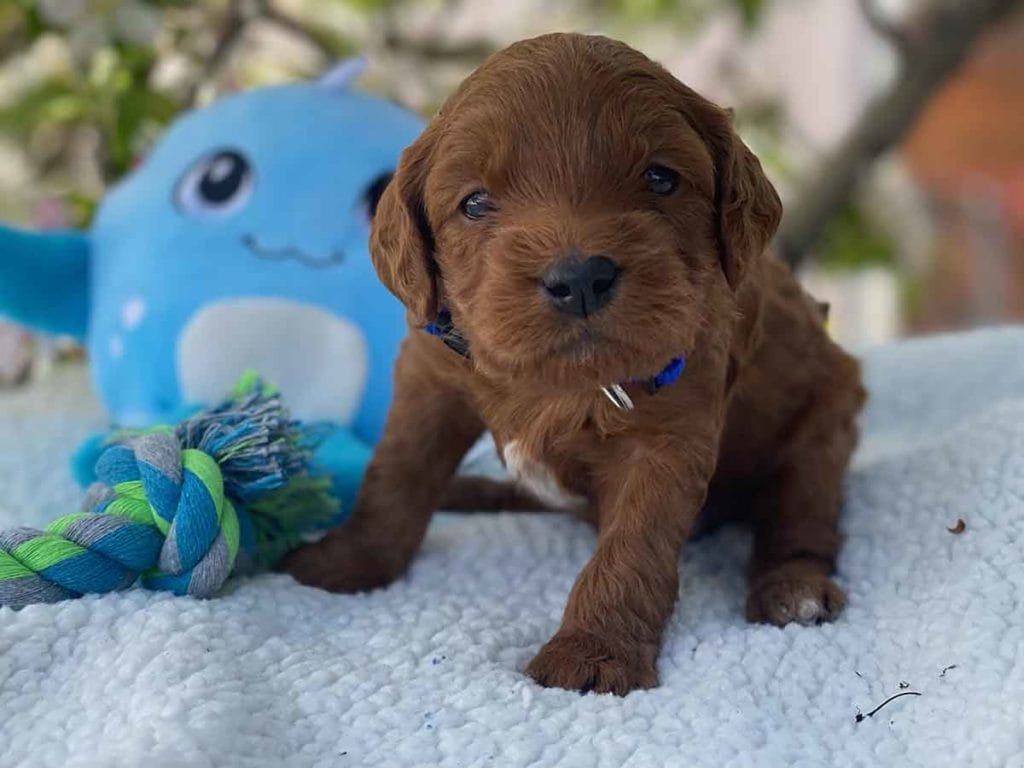 Micro GOLDENDOODLE PUPPIES, Micro Goldendoodle, Precious Doodle Dogs, Teacup Doodle Dogs, Goldendoodle, Doodle Dog, Golden Doodles, Goldendoodle for sale, Goldendoodle puppies for sale, Miniature goldendoodle, goldendoodle puppies, mini goldendoodle, mini puppies, mini goldendoodle size, Mini Doodle Dogs, f1 goldendoodle, golden retriever poodle, chocolate goldendoodle, small doodles, goldendoodle temperament, goldendoodle colors, goldendoodle price, white goldendoodle, f2 goldendoodle, mini goldendoodle price, mini goldendoodle full grown, f1 mini goldendoodle, f1b goldendoodle, parti goldendoodle, goldendoodles near me, english goldendoodle, australian goldendoodle, red goldendoodle, doodle breeds, brown goldendoodle, goldendoodle cost, adult mini goldendoodle, golden noodle dog, doodle dog breeds, miniature golden doodle, miniature puppies, golden retriever poodle mix, A Star is Born, A star is born goldendoodle, a star is born dog, Bradley Cooper's Dog, Bradley Cooper Dog, Bradley Cooper's Goldendoodle, arizona goldendoodles, goldendoodle training, goldendoodle size, how big do mini goldendoodles get, goldendoodle full grown, baby goldendoodle, goldendoodle houston, golden doodles for sale, adult goldendoodle, apricot goldendoodle, goldendoodle grooming, mini golden doodles, goldendoodle shedding, f2b goldendoodle, goldendoodle hypoallergenic, goldendoodle names, english cream goldendoodle, golden retriever and poodle mix, mini goldendoodle puppies, micro goldendoodle, mini goldendoodle puppies for sale, miniature goldendoodle for sale, goldendoodle puppies for adoption, teddy bear goldendoodle, mini goldendoodle rescue, medium goldendoodle, black goldendoodle, mini goldendoodle for sale near me, goldendoodle puppies for sale near me, mini doodle, doodle puppies, mini goldendoodle for sale, goldendoodle breeders near me, miniature goldendoodle for sale near me, toy goldendoodle, petite goldendoodle, golden doodle dog, miniature goldendoodle puppies, mini goldendoodle puppies for sale near me, goldendoodles for sale near me, mini goldedoodle breeders, goldendoodle adoption, f1b mini goldendoodle, small goldendoodle, teacup goldendoodle, goldendoodle puppies near me, goldendoodle breeders, how to groom a goldendoodle, great doodle puppies, golden doodle mix, goldendoodle tampa, goldendoodle facts, white doodle dog, white goldendoodle puppy, mini goldendoodle maryland, country mini doodles, goldendoodle los angeles, toy labradoodle puppies for sale, types of goldendoodles, mini golden retriever puppies, golden goldendoodle, mini golden retriever puppies for sale, miniature australian goldendoodle, goldendoodle sacramento, goldendoodle omaha, labradoodle goldendoodle, f1 medium goldendoodle, BEST goldendoodles, pictures of mini goldendoodles, teacup goldendoodle full grown, micro mini goldendoodle full grown, toy goldendoodle price, goldendoodle chicago, retriever doodle, teacup goldendoodle puppies for sale, cute goldendoodle, mini teddy bear puppies, miniature goldendoodle full grown, f2 mini goldendoodle, goldendoodle spokane, mini goldendoodle chicago, micro mini goldendoodle, how nbig do miniature goldendoodles get, brown mini goldendoodle, mini doodle breeds, poodle doodle dog, what is a mini goldendoodle, black mini goldendoodle, mini irish doodle puppies for sale, f1b goldendoodle size, toy golden doodles, chocolate brown goldendoodle puppies for sale, petite goldendoodle full grown, goldendoodle behavior, american goldendoodle, f1b medium goldendoodle, goldendoodle puppy cost, cute goldendoodle puppies, goldendoodle indianapolis, teddy goldendoodle, mini goldendoodle weight, teddy bear golden doodles, f1b goldendoodle puppies for sale, miniature goldendoodle size, chocolate goldendoodle puppy, english cream mini goldendoodle, doodle puppies near me, red miniature goldendoodle, cream goldendoodle, goldendoodle puppy cut, mini goldendoodle hypoallergenic, dog breed goldendoodle, goldendoodle poodle mixes, goldendoodle allergies, goldendoodle info, sandy ridge goldendoodles, lakeshore goldendoodles, toy goldendoodle puppies for sale, labradoodle and goldendoodle, goldendoodle las vegas, goldendoodle phoenix, doodle breeders near me, miniature goldendoodle weight, black and white goldendoodle, sarasota goldendoodles, mini goldendoodle dallas, a goldendoodle, what is a goldendoodle, goldendoodle dallas, mini golden doodles for sale, ginger doodle puppy, how much does a mini goldendoodle cost, goldendoodle san antonio, goldendoodle photos, goldendoodle cuts, chocolate mini goldendoodle, all about goldendoodles, goldendoodle cincinnati, black doodle dog, goldendoodle weight, miniature goldendoodle breeders, goldendoodle information, miniature goldendoodle puppies for sale, doodle puppies for sale near me, black labradoodle puppies for sale, goldendoodle seattle, golden doodles near me, teacup goldendoodle for sale, golden retriever poodle puppy, goldendoodle rochester ny, goldendoodle and poodle mix, akc goldendoodle, goldendoodle kansas city, mini goldendoodle facts, goldendoodle austin, goldendoodle doodle, goldendoodle tulsa, curly goldendoodle, brown goldendoodle puppies, f1b labradoodle puppies for sale, red mini goldendoodle, goldendoodle poodle, chocolate goldendoodle for sale, tiny goldendoodle, goldendoodle puppies breeders, english goldendoodle puppies for sale, mini golden labradoodle, f1b mini teddy bear goldendoodles, red goldendoodle puppies for sale, miniature golden retriever breeders, f1 goldendoodles for sale, teacup goldendoodle puppies, toy mini goldendoodle, xs petite goldendoodle, f2 goldendoodle puppies for sale, mini goldendoodle cost, black goldendoodle for sale, english teddy bear goldendoodle, small doodle dogs, goldendoodle nashville, english goldendoodle puppies, golden retriever poodle mix for sale, red goldendoodle puppy, parti goldendoodles for sale, english cream goldendoodles for sale, doodle puppies for sale, golden retriever poodle mix puppies, goldendoodle tucson, f1b mini goldendoodle puppies for sale, mini goldendoodle breeders northeast, teddy bear goldendoodle, toy goldendoodle rescue, petite mini goldendoodle, goldendoodle stuff, mini goldendoodles near me, teddy bear goldendoodle puppies, f1 goldendoodle puppies, teddy bear goldendoodles for sale, silver goldendoodle, buy goldendoodle, mini golden doodle dog, teddy bear goldendoodles mini, micro mini goldendoodle puppies for sale, goldendoodle dogs for sale, best goldendoodle breeders, chocolate goldendoodle puppies for sale, doodle dogs for sale, toy goldendoodle puppies, mini doodle dog, toy goldendoodle breeders, doodles for sale, goldendoodle hypoallergenic dog, mini goldendoodle breeders near me, english goldendoodle breeders, f1b mini goldendoodle for sale, teacup goldendoodle price, petite goldendoodle for sale, mini english goldendoodle, mini goldendoodle info, miniature goldendoodle puppies for sale near me, black goldendoodle puppies for sale, f1 goldendoodle puppies for sale, Micro Goldendoodles AL, Micro Goldendoodles AK, Micro Goldendoodles AZ, Micro Goldendoodles AR, Micro Goldendoodles CA, Micro Goldendoodles CO, Micro Goldendoodles CT, Micro Goldendoodles DE, Micro Goldendoodles FL, Micro Goldendoodles GA, Micro Goldendoodles HI, Micro Goldendoodles ID, Micro Goldendoodles IL, Micro Goldendoodles IN, Micro Goldendoodles IA, Micro Goldendoodles KS, Micro Goldendoodles KY, Micro Goldendoodles LA, Micro Goldendoodles ME, Micro Goldendoodles MD, Micro Goldendoodles MA, Micro Goldendoodles MI, Micro Goldendoodles MN, Micro Goldendoodles MS, Micro Goldendoodles MO, Micro Goldendoodles MT, Micro Goldendoodles NE, Micro Goldendoodles NV, Micro Goldendoodles NH, Micro Goldendoodles NJ, Micro Goldendoodles NM, Micro Goldendoodles NY, Micro Goldendoodles NC, Micro Goldendoodles ND, Micro Goldendoodles OH, Micro Goldendoodles OK, Micro Goldendoodles OR, Micro Goldendoodles PA, Micro Goldendoodles RI, Micro Goldendoodles SC, Micro Goldendoodles SD, Micro Goldendoodles TN, Micro Goldendoodles TX, Micro Goldendoodles UT, Micro Goldendoodles VT, Micro Goldendoodles VA, Micro Goldendoodles WA, Micro Goldendoodles WV, Micro Goldendoodles WI, Micro Goldendoodles WY, Micro Golden Doodles AL, Micro Golden Doodles AK, Micro Golden Doodles AZ, Micro Golden Doodles AR, Micro Golden Doodles CA, Micro Golden Doodles CO, Micro Golden Doodles CT, Micro Golden Doodles DE, Micro Golden Doodles FL, Micro Golden Doodles GA, Micro Golden Doodles HI, Micro Golden Doodles ID, Micro Golden Doodles IL, Micro Golden Doodles IN, Micro Golden Doodles IA, Micro Golden Doodles KS, Micro Golden Doodles KY, Micro Golden Doodles LA, Micro Golden Doodles ME, Micro Golden Doodles MD, Micro Golden Doodles MA, Micro Golden Doodles MI, Micro Golden Doodles MN, Micro Golden Doodles MS, Micro Golden Doodles MO, Micro Golden Doodles MT, Micro Golden Doodles NE, Micro Golden Doodles NV, Micro Golden Doodles NH, Micro Golden Doodles NJ, Micro Golden Doodles NM, Micro Golden Doodles NY, Micro Golden Doodles NC, Micro Golden Doodles ND, Micro Golden Doodles OH, Micro Golden Doodles OK, Micro Golden Doodles OR, Micro Golden Doodles PA, Micro Golden Doodles RI, Micro Golden Doodles SC, Micro Golden Doodles SD, Micro Golden Doodles TN, Micro Golden Doodles TX, Micro Golden Doodles UT, Micro Golden Doodles VT, Micro Golden Doodles VA, Micro Golden Doodles WA, Micro Golden Doodles WV, Micro Golden Doodles WI, Micro Golden Doodles WY, Micro Goldendoodle Alabama, Micro Goldendoodle Alaska, Micro Goldendoodle Arizona, Micro Goldendoodle Arkansas, Micro Goldendoodle California, Micro Goldendoodle Colorado, Micro Goldendoodle Connecticut, Micro Goldendoodle Delaware, Micro Goldendoodle Florida, Micro Goldendoodle Georgia, Micro Goldendoodle Hawaii, Micro Goldendoodle Idaho, Micro Goldendoodle Illinois, Micro Goldendoodle Indiana, Micro Goldendoodle Iowa, Micro Goldendoodle Kansas, Micro Goldendoodle Kentucky, Micro Goldendoodle Louisiana, Micro Goldendoodle Maine, Micro Goldendoodle Maryland, Micro Goldendoodle Massachusetts, Micro Goldendoodle Michigan, Micro Goldendoodle Minnesota, Micro Goldendoodle Mississippi, Micro Goldendoodle Missouri, Micro Goldendoodle Montana, Micro Goldendoodle Nebraska, Micro Goldendoodle Nevada, Micro Goldendoodle New Hampshire, Micro Goldendoodle New Jersey, Micro Goldendoodle New Mexico, Micro Goldendoodle New York, Micro Goldendoodle North Carolina, Micro Goldendoodle North Dakota, Micro Goldendoodle Ohio, Micro Goldendoodle Oklahoma, Micro Goldendoodle Oregon, Micro Goldendoodle Pennsylvania, Micro Goldendoodle Rhode Island, Micro Goldendoodle South Carolina, Micro Goldendoodle South Dakota, Micro Goldendoodle Tennessee, Micro Goldendoodle Texas, Micro Goldendoodle Utah, Micro Goldendoodle Vermont, Micro Goldendoodle Virginia, Micro Goldendoodle Washington, Micro Goldendoodle West Virginia, Micro Goldendoodle Wisconsin, Micro Goldendoodle Wyoming, Micro Goldendoodle breeders AL, Micro Goldendoodle breeders AK, Micro Goldendoodle breeders AZ, Micro Goldendoodle breeders AR, Micro Goldendoodle breeders CA, Micro Goldendoodle breeders CO, Micro Goldendoodle breeders CT, Micro Goldendoodle breeders DE, Micro Goldendoodle breeders FL, Micro Goldendoodle breeders GA, Micro Goldendoodle breeders HI, Micro Goldendoodle breeders ID, Micro Goldendoodle breeders IL, Micro Goldendoodle breeders IN, Micro Goldendoodle breeders IA, Micro Goldendoodle breeders KS, Micro Goldendoodle breeders KY, Micro Goldendoodle breeders LA, Micro Goldendoodle breeders ME, Micro Goldendoodle breeders MD, Micro Goldendoodle breeders MA, Micro Goldendoodle breeders MI, Micro Goldendoodle breeders MN, Micro Goldendoodle breeders MS, Micro Goldendoodle breeders MO, Micro Goldendoodle breeders MT, Micro Goldendoodle breeders NE, Micro Goldendoodle breeders NV, Micro Goldendoodle breeders NH, Micro Goldendoodle breeders NJ, Micro Goldendoodle breeders NM, Micro Goldendoodle breeders NY, Micro Goldendoodle breeders NC, Micro Goldendoodle breeders ND, Micro Goldendoodle breeders OH, Micro Goldendoodle breeders OK, Micro Goldendoodle breeders OR, Micro Goldendoodle breeders PA, Micro Goldendoodle breeders RI, Micro Goldendoodle breeders SC, Micro Goldendoodle breeders SD, Micro Goldendoodle breeders TN, Micro Goldendoodle breeders TX, Micro Goldendoodle breeders UT, Micro Goldendoodle breeders VT, Micro Goldendoodle breeders VA, Micro Goldendoodle breeders WA, Micro Goldendoodle breeders WV, Micro Goldendoodle breeders WI, Micro Goldendoodle breeders WY, Micro Golden doodle puppies for sale in AL, Micro Golden doodle puppies for sale in AK, Micro Golden doodle puppies for sale in AZ, Micro Golden doodle puppies for sale in AR, Micro Golden doodle puppies for sale in CA, Micro Golden doodle puppies for sale in CO, Micro Golden doodle puppies for sale in CT, Micro Golden doodle puppies for sale in DE, Micro Golden doodle puppies for sale in FL, Micro Golden doodle puppies for sale in GA, Micro Golden doodle puppies for sale in HI, Micro Golden doodle puppies for sale in ID, Micro Golden doodle puppies for sale in IL, Micro Golden doodle puppies for sale in IN, Micro Golden doodle puppies for sale in IA, Micro Golden doodle puppies for sale in KS, Micro Golden doodle puppies for sale in KY, Micro Golden doodle puppies for sale in LA, Micro Golden doodle puppies for sale in ME, Micro Golden doodle puppies for sale in MD, Micro Golden doodle puppies for sale in MA, Micro Golden doodle puppies for sale in MI, Micro Golden doodle puppies for sale in MN, Micro Golden doodle puppies for sale in MS, Micro Golden doodle puppies for sale in MO, Micro Golden doodle puppies for sale in MT, Micro Golden doodle puppies for sale in NE, Micro Golden doodle puppies for sale in NV, Micro Golden doodle puppies for sale in NH, Micro Golden doodle puppies for sale in NJ, Micro Golden doodle puppies for sale in NM, Micro Golden doodle puppies for sale in NY, Micro Golden doodle puppies for sale in NC, Micro Golden doodle puppies for sale in ND, Micro Golden doodle puppies for sale in OH, Micro Golden doodle puppies for sale in OK, Micro Golden doodle puppies for sale in OR, Micro Golden doodle puppies for sale in PA, Micro Golden doodle puppies for sale in RI, Micro Golden doodle puppies for sale in SC, Micro Golden doodle puppies for sale in SD, Micro Golden doodle puppies for sale in TN, Micro Golden doodle puppies for sale in TX, Micro Golden doodle puppies for sale in UT, Micro Golden doodle puppies for sale in VT, Micro Golden doodle puppies for sale in VA, Micro Golden doodle puppies for sale in WA, Micro Golden doodle puppies for sale in WV, Micro Golden doodle puppies for sale in WI, Micro Golden doodle puppies for sale in WY, Micro Goldendoodles for sale in AL, Micro Goldendoodles for sale in AK, Micro Goldendoodles for sale in AZ, Micro Goldendoodles for sale in AR, Micro Goldendoodles for sale in CA, Micro Goldendoodles for sale in CO, Micro Goldendoodles for sale in CT, Micro Goldendoodles for sale in DE, Micro Goldendoodles for sale in FL, Micro Goldendoodles for sale in GA, Micro Goldendoodles for sale in HI, Micro Goldendoodles for sale in ID, Micro Goldendoodles for sale in IL, Micro Goldendoodles for sale in IN, Micro Goldendoodles for sale in IA, Micro Goldendoodles for sale in KS, Micro Goldendoodles for sale in KY, Micro Goldendoodles for sale in LA, Micro Goldendoodles for sale in ME, Micro Goldendoodles for sale in MD, Micro Goldendoodles for sale in MA, Micro Goldendoodles for sale in MI, Micro Goldendoodles for sale in MN, Micro Goldendoodles for sale in MS, Micro Goldendoodles for sale in MO, Micro Goldendoodles for sale in MT, Micro Goldendoodles for sale in NE, Micro Goldendoodles for sale in NV, Micro Goldendoodles for sale in NH, Micro Goldendoodles for sale in NJ, Micro Goldendoodles for sale in NM, Micro Goldendoodles for sale in NY, Micro Goldendoodles for sale in NC, Micro Goldendoodles for sale in ND, Micro Goldendoodles for sale in OH, Micro Goldendoodles for sale in OK, Micro Goldendoodles for sale in OR, Micro Goldendoodles for sale in PA, Micro Goldendoodles for sale in RI, Micro Goldendoodles for sale in SC, Micro Goldendoodles for sale in SD, Micro Goldendoodles for sale in TN, Micro Goldendoodles for sale in TX, Micro Goldendoodles for sale in UT, Micro Goldendoodles for sale in VT, Micro Goldendoodles for sale in VA, Micro Goldendoodles for sale in WA, Micro Goldendoodles for sale in WV, Micro Goldendoodles for sale in WI, Micro Goldendoodles for sale in WY, Micro Golden doodles Alabama, Micro Golden doodles Alaska, Micro Golden doodles Arizona, Micro Golden doodles Arkansas, Micro Golden doodles California, Micro Golden doodles Colorado, Micro Golden doodles Connecticut, Micro Golden doodles Delaware, Micro Golden doodles Florida, Micro Golden doodles Georgia, Micro Golden doodles Hawaii, Micro Golden doodles Idaho, Micro Golden doodles Illinois, Micro Golden doodles Indiana, Micro Golden doodles Iowa, Micro Golden doodles Kansas, Micro Golden doodles Kentucky, Micro Golden doodles Louisiana, Micro Golden doodles Maine, Micro Golden doodles Maryland, Micro Golden doodles Massachusetts, Micro Golden doodles Michigan, Micro Golden doodles Minnesota, Micro Golden doodles Mississippi, Micro Golden doodles Missouri, Micro Golden doodles Montana, Micro Golden doodles Nebraska, Micro Golden doodles Nevada, Micro Golden doodles New Hampshire, Micro Golden doodles New Jersey, Micro Golden doodles New Mexico, Micro Golden doodles New York, Micro Golden doodles North Carolina, Micro Golden doodles North Dakota, Micro Golden doodles Ohio, Micro Golden doodles Oklahoma, Micro Golden doodles Oregon, Micro Golden doodles Pennsylvania, Micro Golden doodles Rhode Island, Micro Golden doodles South Carolina, Micro Golden doodles South Dakota, Micro Golden doodles Tennessee, Micro Golden doodles Texas, Micro Golden doodles Utah, Micro Golden doodles Vermont, Micro Golden doodles Virginia, Micro Golden doodles Washington, Micro Golden doodles West Virginia, Micro Golden doodles Wisconsin, Micro Golden doodles Wyoming, Golden doodle Breeders AL, Golden doodle Breeders AK, Golden doodle Breeders AZ, Golden doodle Breeders AR, Golden doodle Breeders CA, Golden doodle Breeders CO, Golden doodle Breeders CT, Golden doodle Breeders DE, Golden doodle Breeders FL, Golden doodle Breeders GA, Golden doodle Breeders HI, Golden doodle Breeders ID, Golden doodle Breeders IL, Golden doodle Breeders IN, Golden doodle Breeders IA, Golden doodle Breeders KS, Golden doodle Breeders KY, Golden doodle Breeders LA, Golden doodle Breeders ME, Golden doodle Breeders MD, Golden doodle Breeders MA, Golden doodle Breeders MI, Golden doodle Breeders MN, Golden doodle Breeders MS, Golden doodle Breeders MO, Golden doodle Breeders MT, Golden doodle Breeders NE, Golden doodle Breeders NV, Golden doodle Breeders NH, Golden doodle Breeders NJ, Golden doodle Breeders NM, Golden doodle Breeders NY, Golden doodle Breeders NC, Golden doodle Breeders ND, Golden doodle Breeders OH, Golden doodle Breeders OK, Golden doodle Breeders OR, Golden doodle Breeders PA, Golden doodle Breeders RI, Golden doodle Breeders SC, Golden doodle Breeders SD, Golden doodle Breeders TN, Golden doodle Breeders TX, Golden doodle Breeders UT, Golden doodle Breeders VT, Golden doodle Breeders VA, Golden doodle Breeders WA, Golden doodle Breeders WV, Golden doodle Breeders WI, Golden doodle Breeders WY, Micro Golden doodles for sale in AL, Micro Golden doodles for sale in AK, Micro Golden doodles for sale in AZ, Micro Golden doodles for sale in AR, Micro Golden doodles for sale in CA, Micro Golden doodles for sale in CO, Micro Golden doodles for sale in CT, Micro Golden doodles for sale in DE, Micro Golden doodles for sale in FL, Micro Golden doodles for sale in GA, Micro Golden doodles for sale in HI, Micro Golden doodles for sale in ID, Micro Golden doodles for sale in IL, Micro Golden doodles for sale in IN, Micro Golden doodles for sale in IA, Micro Golden doodles for sale in KS, Micro Golden doodles for sale in KY, Micro Golden doodles for sale in LA, Micro Golden doodles for sale in ME, Micro Golden doodles for sale in MD, Micro Golden doodles for sale in MA, Micro Golden doodles for sale in MI, Micro Golden doodles for sale in MN, Micro Golden doodles for sale in MS, Micro Golden doodles for sale in MO, Micro Golden doodles for sale in MT, Micro Golden doodles for sale in NE, Micro Golden doodles for sale in NV, Micro Golden doodles for sale in NH, Micro Golden doodles for sale in NJ, Micro Golden doodles for sale in NM, Micro Golden doodles for sale in NY, Micro Golden doodles for sale in NC, Micro Golden doodles for sale in ND, Micro Golden doodles for sale in OH, Micro Golden doodles for sale in OK, Micro Golden doodles for sale in OR, Micro Golden doodles for sale in PA, Micro Golden doodles for sale in RI, Micro Golden doodles for sale in SC, Micro Golden doodles for sale in SD, Micro Golden doodles for sale in TN, Micro Golden doodles for sale in TX, Micro Golden doodles for sale in UT, Micro Golden doodles for sale in VT, Micro Golden doodles for sale in VA, Micro Golden doodles for sale in WA, Micro Golden doodles for sale in WV, Micro Golden doodles for sale in WI, Micro Golden doodles for sale in WY,