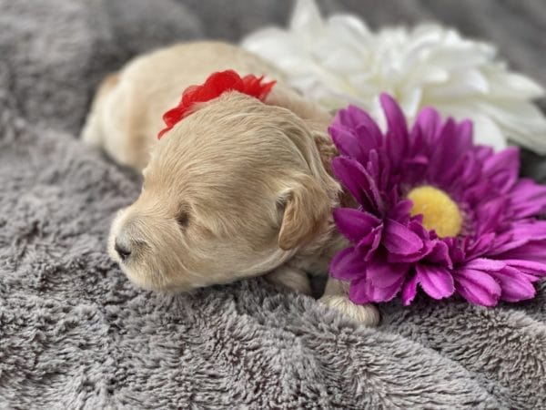 Snow White - Teacup Goldendoodle Girl - Image 8