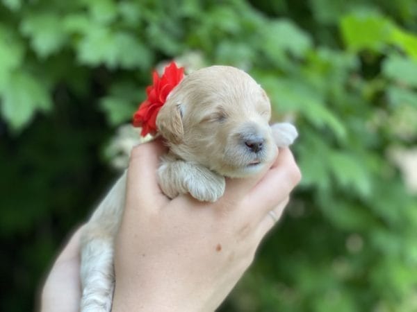 Snow White - Teacup Goldendoodle Girl - Image 9