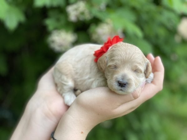 Snow White - Teacup Goldendoodle Girl - Image 10