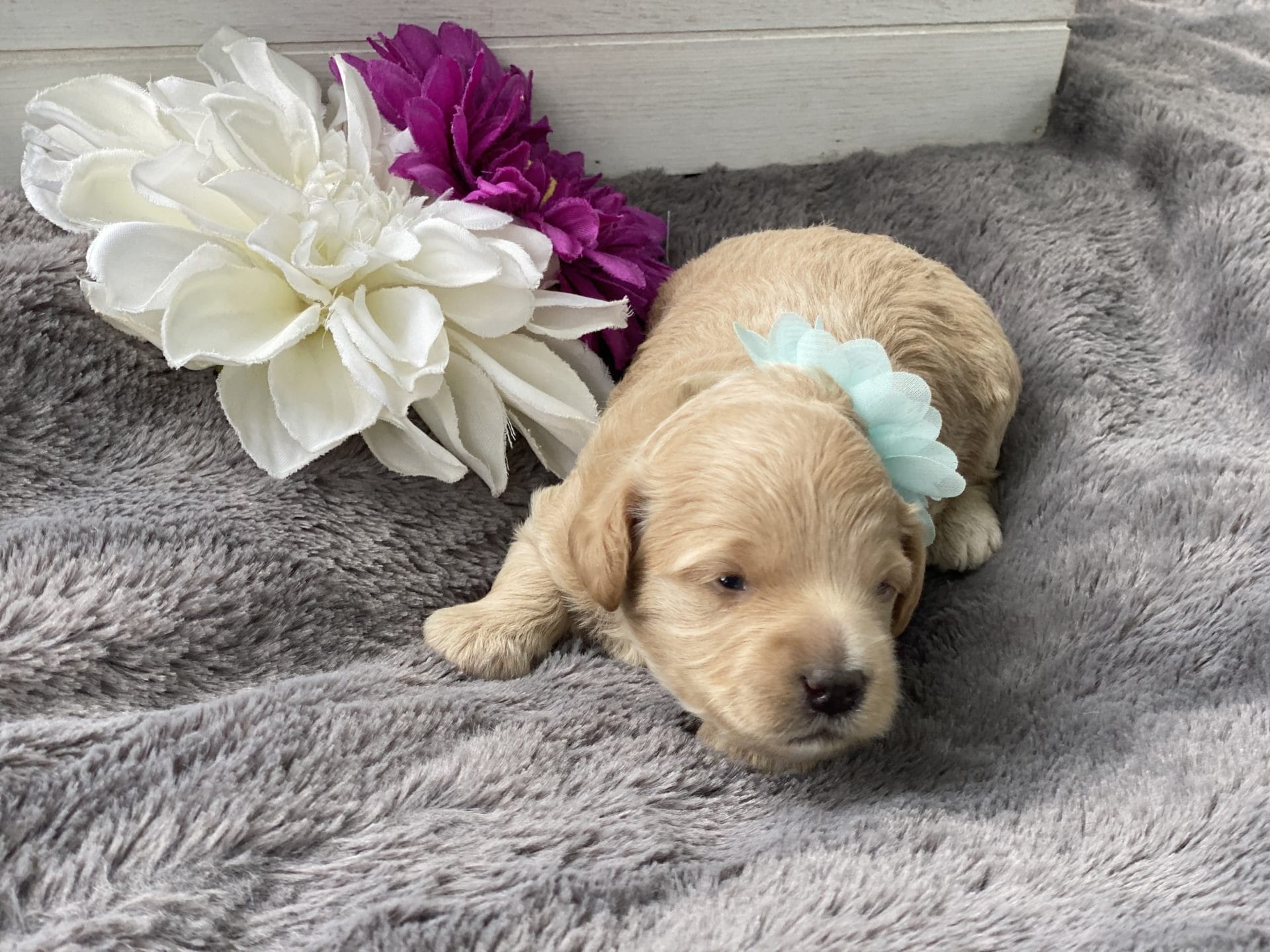 Moana - Teacup Goldendoodle Girl - Image 10